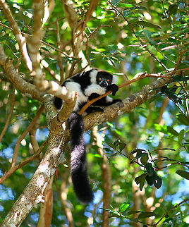 Black-and-white ruffed lemur, Palmarium, Madagascar One of 7 (if I remember correctly) species of lemur to be found in the Palmarium reserve.  Africa,Black-and-white ruffed lemur,Geotagged,Madagascar,Madagascar 2019,Palmarium reserve,Varecia variegata,Winter,World
