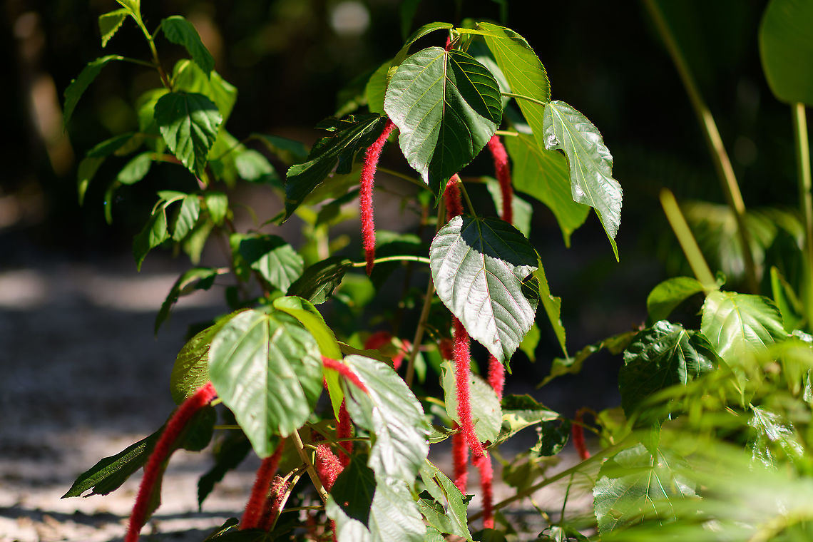 Chenille Plant, Palmarium, Madagascar Originally an Asian plant, here it is cultivated in the botanical garden of the Palmarium reserve. Acalypha hispida,Africa,Chenille Plant,Madagascar,Madagascar 2019,Palmarium reserve,World