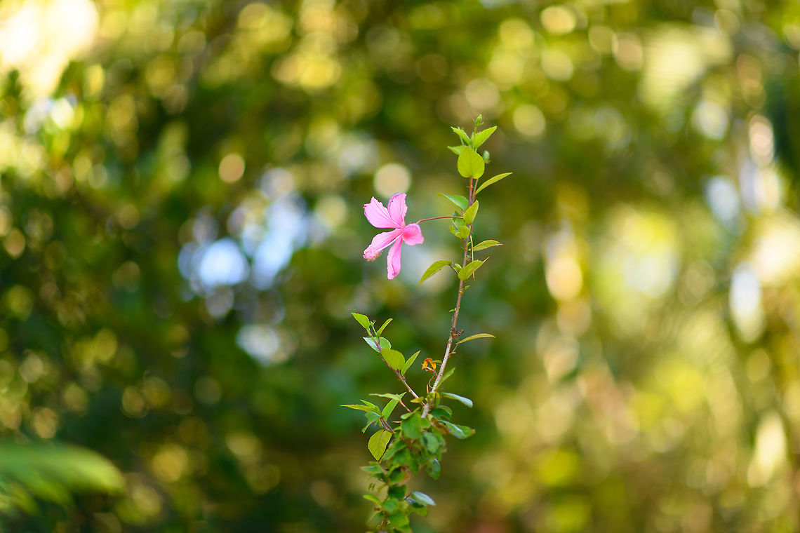 Hibiscus sp., Palmarium, Madagascar Cultivated. Found in the botanical garden of Palmarium reserve. Africa,Geotagged,Madagascar,Madagascar 2019,Palmarium reserve,Winter,World