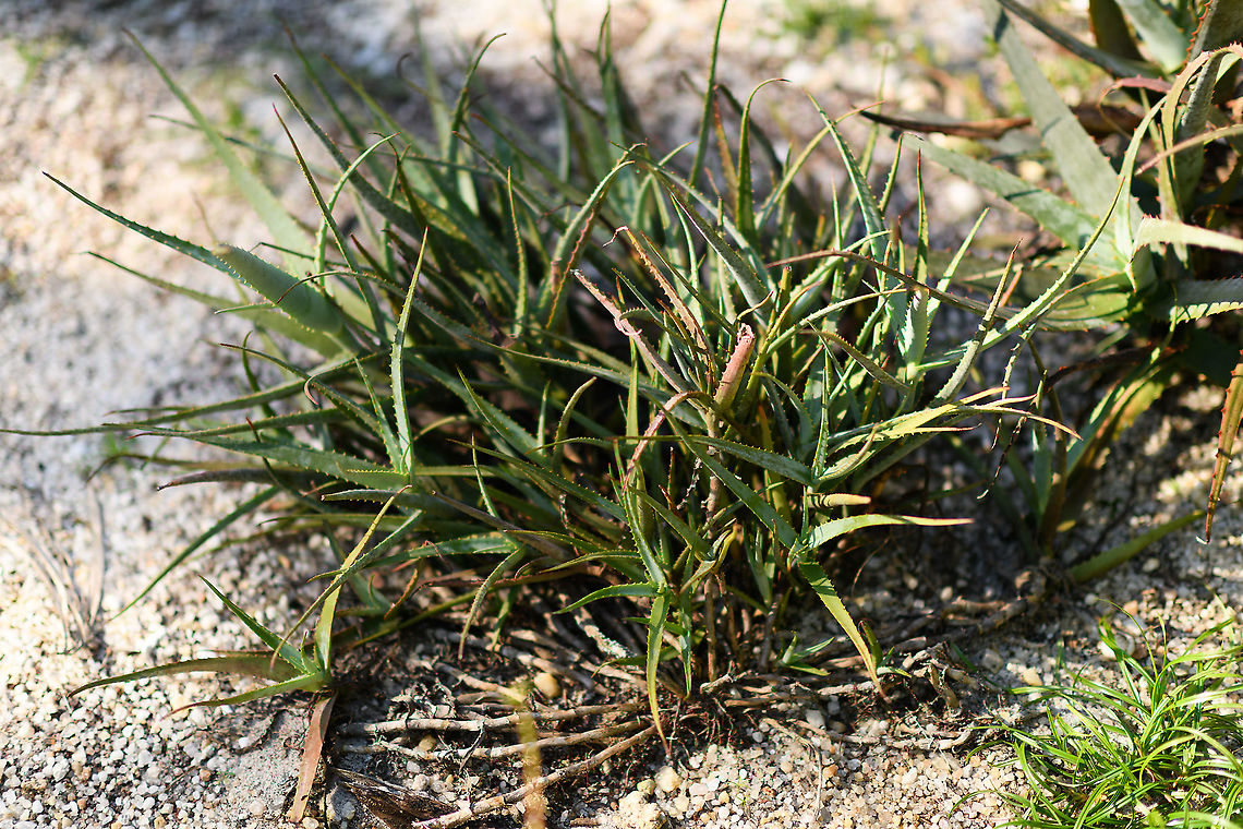Aloe Vera, Palmarium, Madagascar Cultivated. A famous and vastly overrated plant. Almost none of the medicinal or health claims regarding this plant have been scientifically confirmed, but the placebo effect may make it work anyway. Africa,Aloe vera,Geotagged,Madagascar,Madagascar 2019,Palmarium reserve,Winter,World