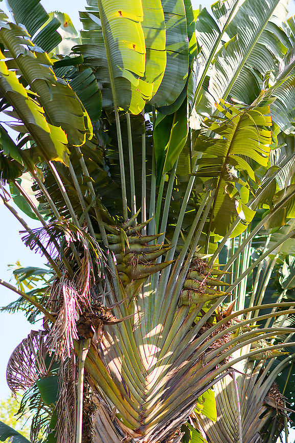 Travellers palm, Palmarium, Madagascar A famous Madagascar native, known for its wide array of cultural uses. For a few examples of how this plant can be used, please see the description of this post:<br />
<figure class="photo"><a href="https://www.jungledragon.com/image/85169/travellers_palm_ranomafana_madagascar.html" title="Traveller&#039;s Palm, Ranomafana, Madagascar"><img src="https://s3.amazonaws.com/media.jungledragon.com/images/2/85169_thumb.jpg?AWSAccessKeyId=05GMT0V3GWVNE7GGM1R2&Expires=1763596810&Signature=mZ4k4yAqY9YYtqzzRWT8lQkXAEQ%3D" width="200" height="134" alt="Traveller&#039;s Palm, Ranomafana, Madagascar Not the most charming picture of this iconic plant, due to the power lines and another plant obstructing the base. It&#039;s probably the best known plant of Madagascar, easy to identify by its enormous fan-shaped leafs that sit at the end of enormous stems.<br />
<br />
Another reason for its fame is due to the many ways in which it can benefit people. Some uses explained to us:<br />
- As an umbrella<br />
- Using the giant leafs as a &quot;table&quot; during traditional dining<br />
- As roof coverage<br />
- As an emergency water supply (each leaf base stores water)<br />
- Using slices of the leaf to fold that into an improvised cup (to drink water) or as a scoop for food<br />
<br />
It&#039;s important to note that in Madagascar, using plants for human benefit is not some distant tradition that is now surpassed by the industrial exploitation of plants. It still very much is a current practice. Most Malagasy directly rely on plants for daily survival, it is also often their only access to fuel, healthcare and building materials. Africa,Geotagged,Madagascar,Madagascar 2019,Ranomafana National Park,Ravenala madagascariensis,Travellers palm,Winter,World" /></a></figure> Africa,Geotagged,Madagascar,Madagascar 2019,Palmarium reserve,Ravenala madagascariensis,Travellers palm,Winter,World