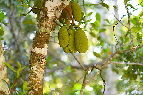 Jackfruit, Palmarium, Madagascar A cluster of fruits on a Jackfruit tree. Best known for being the largest fruits in the world, with an individual fruit weighing up to 55kg. So you may want to take care walking under such trees. Africa,Artocarpus heterophyllus,Geotagged,Jackfruit,Madagascar,Madagascar 2019,Palmarium reserve,Winter,World