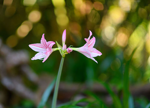 Amaryllis belladonna, Palmarium, Madagascar Cultivated, found in the botanical garden of Palmarium reserve. Africa,Amaryllis belladonna,Belladonna Lily,Geotagged,Madagascar,Madagascar 2019,Palmarium reserve,Winter,World