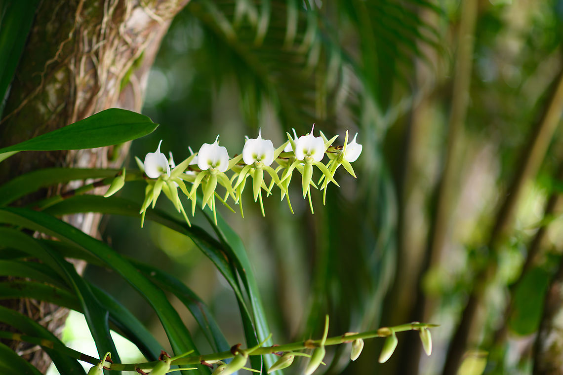 Comet orchid, Palmarium, Madagascar A winter-flowering orchid. Africa,Angraecum eburneum,Madagascar,Madagascar 2019,Palmarium reserve,World