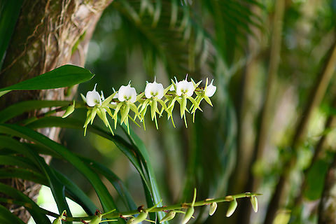 Comet orchid, Palmarium, Madagascar A winter-flowering orchid. Africa,Angraecum eburneum,Madagascar,Madagascar 2019,Palmarium reserve,World