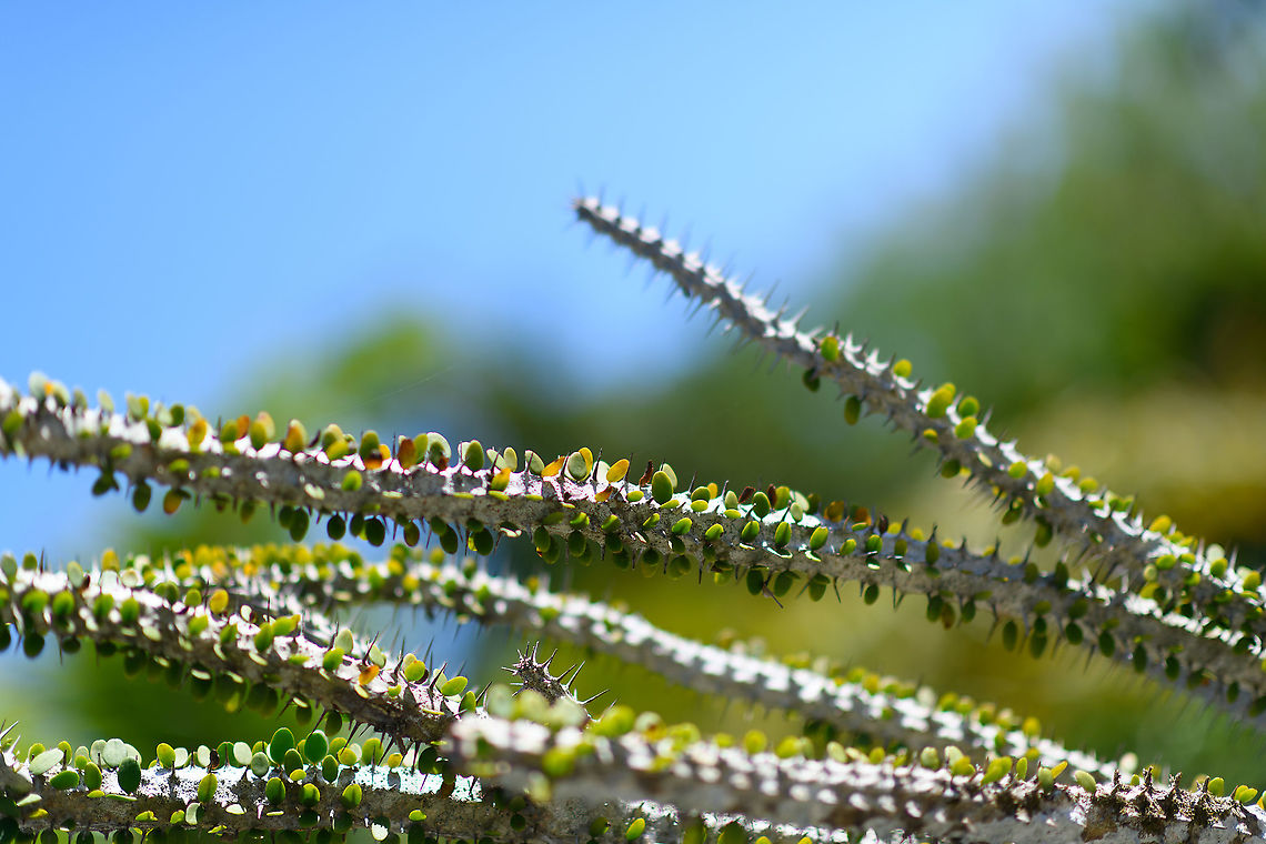 Prickly plant - closeup, Palmarium, Madagascar I have no idea yet what type of plant this is. It grows quite tall, perhaps 1.5-2m.<br />
<figure class="photo"><a href="https://www.jungledragon.com/image/87243/prickly_plant_palmarium_madagascar.html" title="Prickly plant, Palmarium, Madagascar"><img src="https://s3.amazonaws.com/media.jungledragon.com/images/2/87243_thumb.jpg?AWSAccessKeyId=05GMT0V3GWVNE7GGM1R2&Expires=1759968010&Signature=3qSZQbzvMmU%2BIaSQmtCMWkUcr9g%3D" width="200" height="168" alt="Prickly plant, Palmarium, Madagascar I have no idea yet what type of plant this is. It grows quite tall, perhaps 1.5-2m.<br />
https://www.jungledragon.com/image/87242/prickly_plant_-_closeup_palmarium_madagascar.html Africa,Alluaudia procera,Geotagged,Madagascar,Madagascar 2019,Madagascar ocotillo,Palmarium reserve,Winter,World" /></a></figure> Africa,Alluaudia procera,Geotagged,Madagascar,Madagascar 2019,Madagascar ocotillo,Palmarium reserve,Winter,World