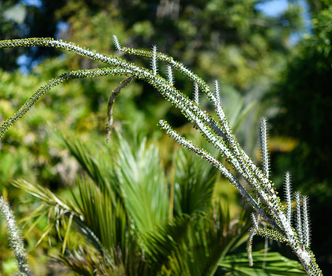 Prickly plant, Palmarium, Madagascar I have no idea yet what type of plant this is. It grows quite tall, perhaps 1.5-2m.<br />
<figure class="photo"><a href="https://www.jungledragon.com/image/87242/prickly_plant_-_closeup_palmarium_madagascar.html" title="Prickly plant - closeup, Palmarium, Madagascar"><img src="https://s3.amazonaws.com/media.jungledragon.com/images/2/87242_thumb.jpg?AWSAccessKeyId=05GMT0V3GWVNE7GGM1R2&Expires=1769040010&Signature=sCncKsgLezzEmrHAYDn7jnzBvuQ%3D" width="200" height="134" alt="Prickly plant - closeup, Palmarium, Madagascar I have no idea yet what type of plant this is. It grows quite tall, perhaps 1.5-2m.<br />
https://www.jungledragon.com/image/87243/prickly_plant_palmarium_madagascar.html Africa,Alluaudia procera,Geotagged,Madagascar,Madagascar 2019,Madagascar ocotillo,Palmarium reserve,Winter,World" /></a></figure> Africa,Alluaudia procera,Geotagged,Madagascar,Madagascar 2019,Madagascar ocotillo,Palmarium reserve,Winter,World