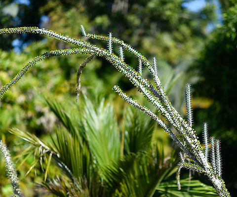 Prickly plant, Palmarium, Madagascar I have no idea yet what type of plant this is. It grows quite tall, perhaps 1.5-2m.
https://www.jungledragon.com/image/87242/prickly_plant_-_closeup_palmarium_madagascar.html Africa,Alluaudia procera,Geotagged,Madagascar,Madagascar 2019,Madagascar ocotillo,Palmarium reserve,Winter,World