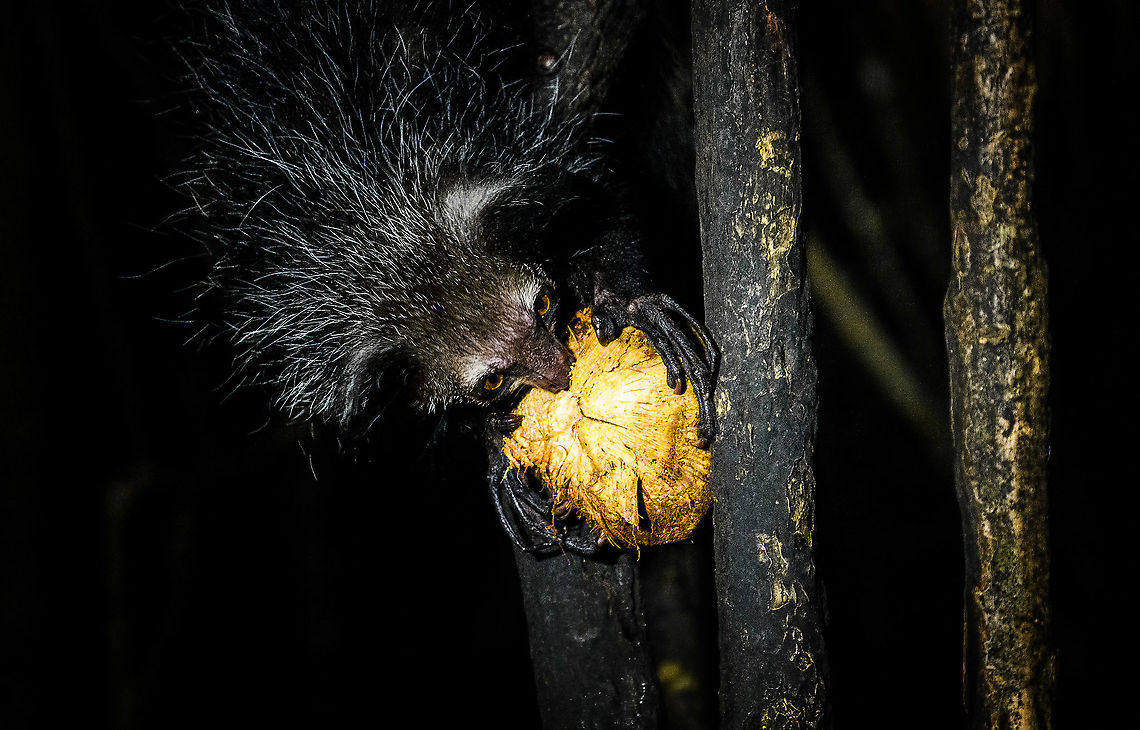 Aye-aye - 1, Palmarium, Madagascar Here it is, the Aye-Aye, the primate woodpecker, rodent, bat or &quot;heh heh&quot;, Malagasy for &quot;I don&#039;t know&quot;. <br />
<br />
&quot;I don&#039;t know&quot; is exactly the first thing that popped into my brain upon seeing it. My brain struggled to understand what it was seeing, despite having read about Aye-ayes at a basic level. It just doesn&#039;t register or fit into any boxes.<br />
<br />
My second thought was that if I would not know any better, I&#039;d go along with the local superstition that this is a demonic animal. <br />
<br />
Science didn&#039;t really know either in earlier times. This creature first was considered a rodent, based on its teeth that perpetually grow and thus must constantly be worn down. It took a long time for it to be considered a primate, and specifically a lemur.<br />
<br />
A very weird primate. Its ears are huge and have inner ridges similar to bats, optimized for echolocation, making this the only primate to use this.<br />
<br />
Echolocation comes into play when its taps its lengthy 3rd finger rapidly on tree tunks to locate insects/larvae inside. Next, it uses its strong teeth to gnawl a hole into the trunk. Finally, it uses its extremely lengthy 4th finger to rapidly pull out the contents, like a machine gun, using a special hooked nail.<br />
<br />
I had always imagined the Aye-aye to be kind of like a Koala: small, slow, and vulnerable. I was wrong at every level. It&#039;s pretty large, combined with the tail above 1m in length. It&#039;s very fast and escapes a scene in about 2 seconds. It&#039;s teeth and fingers are not careful or fragile tools, they&#039;re like power tools. <br />
<br />
The backstory: from Palmarium, on dry nights, you can take a boat to an uninhabited island. On the island live 6-8 Aye-ayes. They are typically in the canopy of a mangrove forest. Coconuts are strategically placed at a lower level to lure them down. Flash lights and camera flash are disallowed, yet when the lure action is succesful, a relatively weak area light shines on the feeding Aye-aye, which does not seem to disturb them.<br />
<br />
Photographing them is challenging due to the lack of flash and the light source being quite weak, but it can be done with some special measures.<br />
<br />
To Henriette and me, the Aye-aye was this year&#039;s trophy and a proper closure on 3 years of Madagascar, so I&#039;m going to be generous in sharing many shots of this fantastic animal. We&#039;re not done with the set though, not quite yet.<br />
<br />
<figure class="photo"><a href="https://www.jungledragon.com/image/87322/aye-aye_-_2_palmarium_madagascar.html" title="Aye-aye - 2, Palmarium, Madagascar"><img src="https://s3.amazonaws.com/media.jungledragon.com/images/2/87322_thumb.jpg?AWSAccessKeyId=05GMT0V3GWVNE7GGM1R2&Expires=1759968010&Signature=tdchN0giTzURzM3sOqke0I%2Fwusk%3D" width="144" height="152" alt="Aye-aye - 2, Palmarium, Madagascar Here it is, the Aye-Aye, the primate woodpecker, rodent, bat or &quot;heh heh&quot;, Malagasy for &quot;I don&#039;t know&quot;. <br />
<br />
&quot;I don&#039;t know&quot; is exactly the first thing that popped into my brain upon seeing it. My brain struggled to understand what it was seeing, despite having read about Aye-ayes at a basic level. It just doesn&#039;t register or fit into any boxes.<br />
<br />
My second thought was that if I would not know any better, I&#039;d go along with the local superstition that this is a demonic animal. <br />
<br />
Science didn&#039;t really know either in earlier times. This creature first was considered a rodent, based on its teeth that perpetually grow and thus must constantly be worn down. It took a long time for it to be considered a primate, and specifically a lemur.<br />
<br />
A very weird primate. Its ears are huge and have inner ridges similar to bats, optimized for echolocation, making this the only primate to use this.<br />
<br />
Echolocation comes into play when its taps its lengthy 3rd finger rapidly on tree tunks to locate insects/larvae inside. Next, it uses its strong teeth to gnawl a hole into the trunk. Finally, it uses its extremely lengthy 4th finger to rapidly pull out the contents, like a machine gun, using a special hooked nail.<br />
<br />
I had always imagined the Aye-aye to be kind of like a Koala: small, slow, and vulnerable. I was wrong at every level. It&#039;s pretty large, combined with the tail above 1m in length. It&#039;s very fast and escapes a scene in about 2 seconds. It&#039;s teeth and fingers are not careful or fragile tools, they&#039;re like power tools. <br />
<br />
The backstory: from Palmarium, on dry nights, you can take a boat to an uninhabited island. On the island live 6-8 Aye-ayes. They are typically in the canopy of a mangrove forest. Coconuts are strategically placed at a lower level to lure them down. Flash lights and camera flash are disallowed, yet when the lure action is succesful, a relatively weak area light shines on the feeding Aye-aye, which does not seem to disturb them.<br />
<br />
Photographing them is challenging due to the lack of flash and the light source being quite weak, but it can be done with some special measures.<br />
<br />
To Henriette and me, the Aye-aye was this year&#039;s trophy and a proper closure on 3 years of Madagascar, so I&#039;m going to be generous in sharing many shots of this fantastic animal. We&#039;re not done with the set though, not quite yet.<br />
<br />
https://www.jungledragon.com/image/87321/aye-aye_-_1_palmarium_madagascar.html<br />
https://www.jungledragon.com/image/87323/aye-aye_-_3_palmarium_madagascar.html<br />
https://www.jungledragon.com/image/87324/aye-aye_-_4_palmarium_madagascar.html<br />
https://www.jungledragon.com/image/87325/aye-aye_-_5_palmarium_madagascar.html<br />
https://www.jungledragon.com/image/87326/aye-aye_-_6_palmarium_madagascar.html<br />
https://www.jungledragon.com/image/87327/aye-aye_-_7_palmarium_madagascar.html<br />
https://www.jungledragon.com/image/87328/aye-aye_-_8_palmarium_madagascar.html<br />
https://www.jungledragon.com/image/87329/aye-aye_-_9_palmarium_madagascar.html<br />
https://www.jungledragon.com/image/87330/aye-aye_-_10_palmarium_madagascar.html<br />
https://www.jungledragon.com/image/87331/aye-aye_-_11_palmarium_madagascar.html<br />
https://www.jungledragon.com/image/87332/aye-aye_-_12_palmarium_madagascar.html<br />
https://www.jungledragon.com/image/87333/aye-aye_-_13_palmarium_madagascar.html<br />
https://www.jungledragon.com/image/87334/aye-aye_-_14_palmarium_madagascar.html<br />
https://www.jungledragon.com/image/87335/aye-aye_-_15_palmarium_madagascar.html<br />
https://www.jungledragon.com/image/87336/aye-aye_-_16_palmarium_madagascar.html<br />
https://www.jungledragon.com/image/87337/aye-aye_-_17_palmarium_madagascar.html<br />
https://www.jungledragon.com/image/87338/aye-aye_-_18_palmarium_madagascar.html<br />
https://www.jungledragon.com/image/87339/aye-aye_-_19_palmarium_madagascar.html<br />
https://www.jungledragon.com/image/87340/aye-aye_-_20_palmarium_madagascar.html<br />
<br />
https://www.youtube.com/watch?v=295rx5Dqsf4 Africa,Aye-aye,Daubentonia madagascariensis,Geotagged,Madagascar,Madagascar 2019,Palmarium reserve,Winter,World" /></a></figure><br />
<figure class="photo"><a href="https://www.jungledragon.com/image/87323/aye-aye_-_3_palmarium_madagascar.html" title="Aye-aye - 3, Palmarium, Madagascar"><img src="https://s3.amazonaws.com/media.jungledragon.com/images/2/87323_thumb.jpg?AWSAccessKeyId=05GMT0V3GWVNE7GGM1R2&Expires=1759968010&Signature=hV41abwIH%2FSx708i7wiWmnd%2F13U%3D" width="124" height="152" alt="Aye-aye - 3, Palmarium, Madagascar Here it is, the Aye-Aye, the primate woodpecker, rodent, bat or &quot;heh heh&quot;, Malagasy for &quot;I don&#039;t know&quot;. <br />
<br />
&quot;I don&#039;t know&quot; is exactly the first thing that popped into my brain upon seeing it. My brain struggled to understand what it was seeing, despite having read about Aye-ayes at a basic level. It just doesn&#039;t register or fit into any boxes.<br />
<br />
My second thought was that if I would not know any better, I&#039;d go along with the local superstition that this is a demonic animal. <br />
<br />
Science didn&#039;t really know either in earlier times. This creature first was considered a rodent, based on its teeth that perpetually grow and thus must constantly be worn down. It took a long time for it to be considered a primate, and specifically a lemur.<br />
<br />
A very weird primate. Its ears are huge and have inner ridges similar to bats, optimized for echolocation, making this the only primate to use this.<br />
<br />
Echolocation comes into play when its taps its lengthy 3rd finger rapidly on tree tunks to locate insects/larvae inside. Next, it uses its strong teeth to gnawl a hole into the trunk. Finally, it uses its extremely lengthy 4th finger to rapidly pull out the contents, like a machine gun, using a special hooked nail.<br />
<br />
I had always imagined the Aye-aye to be kind of like a Koala: small, slow, and vulnerable. I was wrong at every level. It&#039;s pretty large, combined with the tail above 1m in length. It&#039;s very fast and escapes a scene in about 2 seconds. It&#039;s teeth and fingers are not careful or fragile tools, they&#039;re like power tools. <br />
<br />
The backstory: from Palmarium, on dry nights, you can take a boat to an uninhabited island. On the island live 6-8 Aye-ayes. They are typically in the canopy of a mangrove forest. Coconuts are strategically placed at a lower level to lure them down. Flash lights and camera flash are disallowed, yet when the lure action is succesful, a relatively weak area light shines on the feeding Aye-aye, which does not seem to disturb them.<br />
<br />
Photographing them is challenging due to the lack of flash and the light source being quite weak, but it can be done with some special measures.<br />
<br />
To Henriette and me, the Aye-aye was this year&#039;s trophy and a proper closure on 3 years of Madagascar, so I&#039;m going to be generous in sharing many shots of this fantastic animal. We&#039;re not done with the set though, not quite yet.<br />
<br />
https://www.jungledragon.com/image/87321/aye-aye_-_1_palmarium_madagascar.html<br />
https://www.jungledragon.com/image/87322/aye-aye_-_2_palmarium_madagascar.html<br />
https://www.jungledragon.com/image/87324/aye-aye_-_4_palmarium_madagascar.html<br />
https://www.jungledragon.com/image/87325/aye-aye_-_5_palmarium_madagascar.html<br />
https://www.jungledragon.com/image/87326/aye-aye_-_6_palmarium_madagascar.html<br />
https://www.jungledragon.com/image/87327/aye-aye_-_7_palmarium_madagascar.html<br />
https://www.jungledragon.com/image/87328/aye-aye_-_8_palmarium_madagascar.html<br />
https://www.jungledragon.com/image/87329/aye-aye_-_9_palmarium_madagascar.html<br />
https://www.jungledragon.com/image/87330/aye-aye_-_10_palmarium_madagascar.html<br />
https://www.jungledragon.com/image/87331/aye-aye_-_11_palmarium_madagascar.html<br />
https://www.jungledragon.com/image/87332/aye-aye_-_12_palmarium_madagascar.html<br />
https://www.jungledragon.com/image/87333/aye-aye_-_13_palmarium_madagascar.html<br />
https://www.jungledragon.com/image/87334/aye-aye_-_14_palmarium_madagascar.html<br />
https://www.jungledragon.com/image/87335/aye-aye_-_15_palmarium_madagascar.html<br />
https://www.jungledragon.com/image/87336/aye-aye_-_16_palmarium_madagascar.html<br />
https://www.jungledragon.com/image/87337/aye-aye_-_17_palmarium_madagascar.html<br />
https://www.jungledragon.com/image/87338/aye-aye_-_18_palmarium_madagascar.html<br />
https://www.jungledragon.com/image/87339/aye-aye_-_19_palmarium_madagascar.html<br />
https://www.jungledragon.com/image/87340/aye-aye_-_20_palmarium_madagascar.html<br />
<br />
https://www.youtube.com/watch?v=295rx5Dqsf4 Africa,Aye-aye,Daubentonia madagascariensis,Madagascar,Madagascar 2019,Palmarium reserve,World" /></a></figure><br />
<figure class="photo"><a href="https://www.jungledragon.com/image/87324/aye-aye_-_4_palmarium_madagascar.html" title="Aye-aye - 4, Palmarium, Madagascar"><img src="https://s3.amazonaws.com/media.jungledragon.com/images/2/87324_thumb.jpg?AWSAccessKeyId=05GMT0V3GWVNE7GGM1R2&Expires=1759968010&Signature=v746jjk3Pnzaa8Nd6WXdcoYI5nk%3D" width="200" height="166" alt="Aye-aye - 4, Palmarium, Madagascar Here it is, the Aye-Aye, the primate woodpecker, rodent, bat or &quot;heh heh&quot;, Malagasy for &quot;I don&#039;t know&quot;. <br />
<br />
&quot;I don&#039;t know&quot; is exactly the first thing that popped into my brain upon seeing it. My brain struggled to understand what it was seeing, despite having read about Aye-ayes at a basic level. It just doesn&#039;t register or fit into any boxes.<br />
<br />
My second thought was that if I would not know any better, I&#039;d go along with the local superstition that this is a demonic animal. <br />
<br />
Science didn&#039;t really know either in earlier times. This creature first was considered a rodent, based on its teeth that perpetually grow and thus must constantly be worn down. It took a long time for it to be considered a primate, and specifically a lemur.<br />
<br />
A very weird primate. Its ears are huge and have inner ridges similar to bats, optimized for echolocation, making this the only primate to use this.<br />
<br />
Echolocation comes into play when its taps its lengthy 3rd finger rapidly on tree tunks to locate insects/larvae inside. Next, it uses its strong teeth to gnawl a hole into the trunk. Finally, it uses its extremely lengthy 4th finger to rapidly pull out the contents, like a machine gun, using a special hooked nail.<br />
<br />
I had always imagined the Aye-aye to be kind of like a Koala: small, slow, and vulnerable. I was wrong at every level. It&#039;s pretty large, combined with the tail above 1m in length. It&#039;s very fast and escapes a scene in about 2 seconds. It&#039;s teeth and fingers are not careful or fragile tools, they&#039;re like power tools. <br />
<br />
The backstory: from Palmarium, on dry nights, you can take a boat to an uninhabited island. On the island live 6-8 Aye-ayes. They are typically in the canopy of a mangrove forest. Coconuts are strategically placed at a lower level to lure them down. Flash lights and camera flash are disallowed, yet when the lure action is succesful, a relatively weak area light shines on the feeding Aye-aye, which does not seem to disturb them.<br />
<br />
Photographing them is challenging due to the lack of flash and the light source being quite weak, but it can be done with some special measures.<br />
<br />
To Henriette and me, the Aye-aye was this year&#039;s trophy and a proper closure on 3 years of Madagascar, so I&#039;m going to be generous in sharing many shots of this fantastic animal. We&#039;re not done with the set though, not quite yet.<br />
<br />
https://www.jungledragon.com/image/87321/aye-aye_-_1_palmarium_madagascar.html<br />
https://www.jungledragon.com/image/87322/aye-aye_-_2_palmarium_madagascar.html<br />
https://www.jungledragon.com/image/87323/aye-aye_-_3_palmarium_madagascar.html<br />
https://www.jungledragon.com/image/87325/aye-aye_-_5_palmarium_madagascar.html<br />
https://www.jungledragon.com/image/87326/aye-aye_-_6_palmarium_madagascar.html<br />
https://www.jungledragon.com/image/87327/aye-aye_-_7_palmarium_madagascar.html<br />
https://www.jungledragon.com/image/87328/aye-aye_-_8_palmarium_madagascar.html<br />
https://www.jungledragon.com/image/87329/aye-aye_-_9_palmarium_madagascar.html<br />
https://www.jungledragon.com/image/87330/aye-aye_-_10_palmarium_madagascar.html<br />
https://www.jungledragon.com/image/87331/aye-aye_-_11_palmarium_madagascar.html<br />
https://www.jungledragon.com/image/87332/aye-aye_-_12_palmarium_madagascar.html<br />
https://www.jungledragon.com/image/87333/aye-aye_-_13_palmarium_madagascar.html<br />
https://www.jungledragon.com/image/87334/aye-aye_-_14_palmarium_madagascar.html<br />
https://www.jungledragon.com/image/87335/aye-aye_-_15_palmarium_madagascar.html<br />
https://www.jungledragon.com/image/87336/aye-aye_-_16_palmarium_madagascar.html<br />
https://www.jungledragon.com/image/87337/aye-aye_-_17_palmarium_madagascar.html<br />
https://www.jungledragon.com/image/87338/aye-aye_-_18_palmarium_madagascar.html<br />
https://www.jungledragon.com/image/87339/aye-aye_-_19_palmarium_madagascar.html<br />
https://www.jungledragon.com/image/87340/aye-aye_-_20_palmarium_madagascar.html<br />
<br />
https://www.youtube.com/watch?v=295rx5Dqsf4 Africa,Aye-aye,Daubentonia madagascariensis,Geotagged,Madagascar,Madagascar 2019,Palmarium reserve,Winter,World" /></a></figure><br />
<figure class="photo"><a href="https://www.jungledragon.com/image/87325/aye-aye_-_5_palmarium_madagascar.html" title="Aye-aye - 5, Palmarium, Madagascar"><img src="https://s3.amazonaws.com/media.jungledragon.com/images/2/87325_thumb.jpg?AWSAccessKeyId=05GMT0V3GWVNE7GGM1R2&Expires=1759968010&Signature=xSOlrhdFfGsfFsGI%2BAZEUPRcY4U%3D" width="200" height="134" alt="Aye-aye - 5, Palmarium, Madagascar Here it is, the Aye-Aye, the primate woodpecker, rodent, bat or &quot;heh heh&quot;, Malagasy for &quot;I don&#039;t know&quot;. <br />
<br />
&quot;I don&#039;t know&quot; is exactly the first thing that popped into my brain upon seeing it. My brain struggled to understand what it was seeing, despite having read about Aye-ayes at a basic level. It just doesn&#039;t register or fit into any boxes.<br />
<br />
My second thought was that if I would not know any better, I&#039;d go along with the local superstition that this is a demonic animal. <br />
<br />
Science didn&#039;t really know either in earlier times. This creature first was considered a rodent, based on its teeth that perpetually grow and thus must constantly be worn down. It took a long time for it to be considered a primate, and specifically a lemur.<br />
<br />
A very weird primate. Its ears are huge and have inner ridges similar to bats, optimized for echolocation, making this the only primate to use this.<br />
<br />
Echolocation comes into play when its taps its lengthy 3rd finger rapidly on tree tunks to locate insects/larvae inside. Next, it uses its strong teeth to gnawl a hole into the trunk. Finally, it uses its extremely lengthy 4th finger to rapidly pull out the contents, like a machine gun, using a special hooked nail.<br />
<br />
I had always imagined the Aye-aye to be kind of like a Koala: small, slow, and vulnerable. I was wrong at every level. It&#039;s pretty large, combined with the tail above 1m in length. It&#039;s very fast and escapes a scene in about 2 seconds. It&#039;s teeth and fingers are not careful or fragile tools, they&#039;re like power tools. <br />
<br />
The backstory: from Palmarium, on dry nights, you can take a boat to an uninhabited island. On the island live 6-8 Aye-ayes. They are typically in the canopy of a mangrove forest. Coconuts are strategically placed at a lower level to lure them down. Flash lights and camera flash are disallowed, yet when the lure action is succesful, a relatively weak area light shines on the feeding Aye-aye, which does not seem to disturb them.<br />
<br />
Photographing them is challenging due to the lack of flash and the light source being quite weak, but it can be done with some special measures.<br />
<br />
To Henriette and me, the Aye-aye was this year&#039;s trophy and a proper closure on 3 years of Madagascar, so I&#039;m going to be generous in sharing many shots of this fantastic animal. We&#039;re not done with the set though, not quite yet.<br />
<br />
https://www.jungledragon.com/image/87321/aye-aye_-_1_palmarium_madagascar.html<br />
https://www.jungledragon.com/image/87322/aye-aye_-_2_palmarium_madagascar.html<br />
https://www.jungledragon.com/image/87323/aye-aye_-_3_palmarium_madagascar.html<br />
https://www.jungledragon.com/image/87324/aye-aye_-_4_palmarium_madagascar.html<br />
https://www.jungledragon.com/image/87326/aye-aye_-_6_palmarium_madagascar.html<br />
https://www.jungledragon.com/image/87327/aye-aye_-_7_palmarium_madagascar.html<br />
https://www.jungledragon.com/image/87328/aye-aye_-_8_palmarium_madagascar.html<br />
https://www.jungledragon.com/image/87329/aye-aye_-_9_palmarium_madagascar.html<br />
https://www.jungledragon.com/image/87330/aye-aye_-_10_palmarium_madagascar.html<br />
https://www.jungledragon.com/image/87331/aye-aye_-_11_palmarium_madagascar.html<br />
https://www.jungledragon.com/image/87332/aye-aye_-_12_palmarium_madagascar.html<br />
https://www.jungledragon.com/image/87333/aye-aye_-_13_palmarium_madagascar.html<br />
https://www.jungledragon.com/image/87334/aye-aye_-_14_palmarium_madagascar.html<br />
https://www.jungledragon.com/image/87335/aye-aye_-_15_palmarium_madagascar.html<br />
https://www.jungledragon.com/image/87336/aye-aye_-_16_palmarium_madagascar.html<br />
https://www.jungledragon.com/image/87337/aye-aye_-_17_palmarium_madagascar.html<br />
https://www.jungledragon.com/image/87338/aye-aye_-_18_palmarium_madagascar.html<br />
https://www.jungledragon.com/image/87339/aye-aye_-_19_palmarium_madagascar.html<br />
https://www.jungledragon.com/image/87340/aye-aye_-_20_palmarium_madagascar.html<br />
<br />
https://www.youtube.com/watch?v=295rx5Dqsf4 Africa,Aye-aye,Daubentonia madagascariensis,Geotagged,Madagascar,Madagascar 2019,Palmarium reserve,Winter,World" /></a></figure><br />
<figure class="photo"><a href="https://www.jungledragon.com/image/87326/aye-aye_-_6_palmarium_madagascar.html" title="Aye-aye - 6, Palmarium, Madagascar"><img src="https://s3.amazonaws.com/media.jungledragon.com/images/2/87326_thumb.jpg?AWSAccessKeyId=05GMT0V3GWVNE7GGM1R2&Expires=1759968010&Signature=YDQAk2kXddoFksPfeYansr9%2BKdQ%3D" width="102" height="152" alt="Aye-aye - 6, Palmarium, Madagascar Here it is, the Aye-Aye, the primate woodpecker, rodent, bat or &quot;heh heh&quot;, Malagasy for &quot;I don&#039;t know&quot;. <br />
<br />
&quot;I don&#039;t know&quot; is exactly the first thing that popped into my brain upon seeing it. My brain struggled to understand what it was seeing, despite having read about Aye-ayes at a basic level. It just doesn&#039;t register or fit into any boxes.<br />
<br />
My second thought was that if I would not know any better, I&#039;d go along with the local superstition that this is a demonic animal. <br />
<br />
Science didn&#039;t really know either in earlier times. This creature first was considered a rodent, based on its teeth that perpetually grow and thus must constantly be worn down. It took a long time for it to be considered a primate, and specifically a lemur.<br />
<br />
A very weird primate. Its ears are huge and have inner ridges similar to bats, optimized for echolocation, making this the only primate to use this.<br />
<br />
Echolocation comes into play when its taps its lengthy 3rd finger rapidly on tree tunks to locate insects/larvae inside. Next, it uses its strong teeth to gnawl a hole into the trunk. Finally, it uses its extremely lengthy 4th finger to rapidly pull out the contents, like a machine gun, using a special hooked nail.<br />
<br />
I had always imagined the Aye-aye to be kind of like a Koala: small, slow, and vulnerable. I was wrong at every level. It&#039;s pretty large, combined with the tail above 1m in length. It&#039;s very fast and escapes a scene in about 2 seconds. It&#039;s teeth and fingers are not careful or fragile tools, they&#039;re like power tools. <br />
<br />
The backstory: from Palmarium, on dry nights, you can take a boat to an uninhabited island. On the island live 6-8 Aye-ayes. They are typically in the canopy of a mangrove forest. Coconuts are strategically placed at a lower level to lure them down. Flash lights and camera flash are disallowed, yet when the lure action is succesful, a relatively weak area light shines on the feeding Aye-aye, which does not seem to disturb them.<br />
<br />
Photographing them is challenging due to the lack of flash and the light source being quite weak, but it can be done with some special measures.<br />
<br />
To Henriette and me, the Aye-aye was this year&#039;s trophy and a proper closure on 3 years of Madagascar, so I&#039;m going to be generous in sharing many shots of this fantastic animal. We&#039;re not done with the set though, not quite yet.<br />
<br />
https://www.jungledragon.com/image/87321/aye-aye_-_1_palmarium_madagascar.html<br />
https://www.jungledragon.com/image/87322/aye-aye_-_2_palmarium_madagascar.html<br />
https://www.jungledragon.com/image/87323/aye-aye_-_3_palmarium_madagascar.html<br />
https://www.jungledragon.com/image/87324/aye-aye_-_4_palmarium_madagascar.html<br />
https://www.jungledragon.com/image/87325/aye-aye_-_5_palmarium_madagascar.html<br />
https://www.jungledragon.com/image/87327/aye-aye_-_7_palmarium_madagascar.html<br />
https://www.jungledragon.com/image/87328/aye-aye_-_8_palmarium_madagascar.html<br />
https://www.jungledragon.com/image/87329/aye-aye_-_9_palmarium_madagascar.html<br />
https://www.jungledragon.com/image/87330/aye-aye_-_10_palmarium_madagascar.html<br />
https://www.jungledragon.com/image/87331/aye-aye_-_11_palmarium_madagascar.html<br />
https://www.jungledragon.com/image/87332/aye-aye_-_12_palmarium_madagascar.html<br />
https://www.jungledragon.com/image/87333/aye-aye_-_13_palmarium_madagascar.html<br />
https://www.jungledragon.com/image/87334/aye-aye_-_14_palmarium_madagascar.html<br />
https://www.jungledragon.com/image/87335/aye-aye_-_15_palmarium_madagascar.html<br />
https://www.jungledragon.com/image/87336/aye-aye_-_16_palmarium_madagascar.html<br />
https://www.jungledragon.com/image/87337/aye-aye_-_17_palmarium_madagascar.html<br />
https://www.jungledragon.com/image/87338/aye-aye_-_18_palmarium_madagascar.html<br />
https://www.jungledragon.com/image/87339/aye-aye_-_19_palmarium_madagascar.html<br />
https://www.jungledragon.com/image/87340/aye-aye_-_20_palmarium_madagascar.html<br />
<br />
https://www.youtube.com/watch?v=295rx5Dqsf4 Africa,Aye-aye,Daubentonia madagascariensis,Geotagged,Madagascar,Madagascar 2019,Palmarium reserve,Winter,World" /></a></figure><br />
<figure class="photo"><a href="https://www.jungledragon.com/image/87327/aye-aye_-_7_palmarium_madagascar.html" title="Aye-aye - 7, Palmarium, Madagascar"><img src="https://s3.amazonaws.com/media.jungledragon.com/images/2/87327_thumb.jpg?AWSAccessKeyId=05GMT0V3GWVNE7GGM1R2&Expires=1759968010&Signature=G4aqmP%2FQ9b9NePwKcWO2wjy4XIA%3D" width="200" height="170" alt="Aye-aye - 7, Palmarium, Madagascar Here it is, the Aye-Aye, the primate woodpecker, rodent, bat or &quot;heh heh&quot;, Malagasy for &quot;I don&#039;t know&quot;. <br />
<br />
&quot;I don&#039;t know&quot; is exactly the first thing that popped into my brain upon seeing it. My brain struggled to understand what it was seeing, despite having read about Aye-ayes at a basic level. It just doesn&#039;t register or fit into any boxes.<br />
<br />
My second thought was that if I would not know any better, I&#039;d go along with the local superstition that this is a demonic animal. <br />
<br />
Science didn&#039;t really know either in earlier times. This creature first was considered a rodent, based on its teeth that perpetually grow and thus must constantly be worn down. It took a long time for it to be considered a primate, and specifically a lemur.<br />
<br />
A very weird primate. Its ears are huge and have inner ridges similar to bats, optimized for echolocation, making this the only primate to use this.<br />
<br />
Echolocation comes into play when its taps its lengthy 3rd finger rapidly on tree tunks to locate insects/larvae inside. Next, it uses its strong teeth to gnawl a hole into the trunk. Finally, it uses its extremely lengthy 4th finger to rapidly pull out the contents, like a machine gun, using a special hooked nail.<br />
<br />
I had always imagined the Aye-aye to be kind of like a Koala: small, slow, and vulnerable. I was wrong at every level. It&#039;s pretty large, combined with the tail above 1m in length. It&#039;s very fast and escapes a scene in about 2 seconds. It&#039;s teeth and fingers are not careful or fragile tools, they&#039;re like power tools. <br />
<br />
The backstory: from Palmarium, on dry nights, you can take a boat to an uninhabited island. On the island live 6-8 Aye-ayes. They are typically in the canopy of a mangrove forest. Coconuts are strategically placed at a lower level to lure them down. Flash lights and camera flash are disallowed, yet when the lure action is succesful, a relatively weak area light shines on the feeding Aye-aye, which does not seem to disturb them.<br />
<br />
Photographing them is challenging due to the lack of flash and the light source being quite weak, but it can be done with some special measures.<br />
<br />
To Henriette and me, the Aye-aye was this year&#039;s trophy and a proper closure on 3 years of Madagascar, so I&#039;m going to be generous in sharing many shots of this fantastic animal. We&#039;re not done with the set though, not quite yet.<br />
<br />
https://www.jungledragon.com/image/87321/aye-aye_-_1_palmarium_madagascar.html<br />
https://www.jungledragon.com/image/87322/aye-aye_-_2_palmarium_madagascar.html<br />
https://www.jungledragon.com/image/87323/aye-aye_-_3_palmarium_madagascar.html<br />
https://www.jungledragon.com/image/87324/aye-aye_-_4_palmarium_madagascar.html<br />
https://www.jungledragon.com/image/87325/aye-aye_-_5_palmarium_madagascar.html<br />
https://www.jungledragon.com/image/87326/aye-aye_-_6_palmarium_madagascar.html<br />
https://www.jungledragon.com/image/87328/aye-aye_-_8_palmarium_madagascar.html<br />
https://www.jungledragon.com/image/87329/aye-aye_-_9_palmarium_madagascar.html<br />
https://www.jungledragon.com/image/87330/aye-aye_-_10_palmarium_madagascar.html<br />
https://www.jungledragon.com/image/87331/aye-aye_-_11_palmarium_madagascar.html<br />
https://www.jungledragon.com/image/87332/aye-aye_-_12_palmarium_madagascar.html<br />
https://www.jungledragon.com/image/87333/aye-aye_-_13_palmarium_madagascar.html<br />
https://www.jungledragon.com/image/87334/aye-aye_-_14_palmarium_madagascar.html<br />
https://www.jungledragon.com/image/87335/aye-aye_-_15_palmarium_madagascar.html<br />
https://www.jungledragon.com/image/87336/aye-aye_-_16_palmarium_madagascar.html<br />
https://www.jungledragon.com/image/87337/aye-aye_-_17_palmarium_madagascar.html<br />
https://www.jungledragon.com/image/87338/aye-aye_-_18_palmarium_madagascar.html<br />
https://www.jungledragon.com/image/87339/aye-aye_-_19_palmarium_madagascar.html<br />
https://www.jungledragon.com/image/87340/aye-aye_-_20_palmarium_madagascar.html<br />
<br />
https://www.youtube.com/watch?v=295rx5Dqsf4 Africa,Aye-aye,Daubentonia madagascariensis,Geotagged,Madagascar,Madagascar 2019,Palmarium reserve,Winter,World" /></a></figure><br />
<figure class="photo"><a href="https://www.jungledragon.com/image/87328/aye-aye_-_8_palmarium_madagascar.html" title="Aye-aye - 8, Palmarium, Madagascar"><img src="https://s3.amazonaws.com/media.jungledragon.com/images/2/87328_thumb.jpg?AWSAccessKeyId=05GMT0V3GWVNE7GGM1R2&Expires=1759968010&Signature=PIOvqGdLIN6z9iaXtsgVnS2awrY%3D" width="126" height="152" alt="Aye-aye - 8, Palmarium, Madagascar Here it is, the Aye-Aye, the primate woodpecker, rodent, bat or &quot;heh heh&quot;, Malagasy for &quot;I don&#039;t know&quot;. <br />
<br />
&quot;I don&#039;t know&quot; is exactly the first thing that popped into my brain upon seeing it. My brain struggled to understand what it was seeing, despite having read about Aye-ayes at a basic level. It just doesn&#039;t register or fit into any boxes.<br />
<br />
My second thought was that if I would not know any better, I&#039;d go along with the local superstition that this is a demonic animal. <br />
<br />
Science didn&#039;t really know either in earlier times. This creature first was considered a rodent, based on its teeth that perpetually grow and thus must constantly be worn down. It took a long time for it to be considered a primate, and specifically a lemur.<br />
<br />
A very weird primate. Its ears are huge and have inner ridges similar to bats, optimized for echolocation, making this the only primate to use this.<br />
<br />
Echolocation comes into play when its taps its lengthy 3rd finger rapidly on tree tunks to locate insects/larvae inside. Next, it uses its strong teeth to gnawl a hole into the trunk. Finally, it uses its extremely lengthy 4th finger to rapidly pull out the contents, like a machine gun, using a special hooked nail.<br />
<br />
I had always imagined the Aye-aye to be kind of like a Koala: small, slow, and vulnerable. I was wrong at every level. It&#039;s pretty large, combined with the tail above 1m in length. It&#039;s very fast and escapes a scene in about 2 seconds. It&#039;s teeth and fingers are not careful or fragile tools, they&#039;re like power tools. <br />
<br />
The backstory: from Palmarium, on dry nights, you can take a boat to an uninhabited island. On the island live 6-8 Aye-ayes. They are typically in the canopy of a mangrove forest. Coconuts are strategically placed at a lower level to lure them down. Flash lights and camera flash are disallowed, yet when the lure action is succesful, a relatively weak area light shines on the feeding Aye-aye, which does not seem to disturb them.<br />
<br />
Photographing them is challenging due to the lack of flash and the light source being quite weak, but it can be done with some special measures.<br />
<br />
To Henriette and me, the Aye-aye was this year&#039;s trophy and a proper closure on 3 years of Madagascar, so I&#039;m going to be generous in sharing many shots of this fantastic animal. We&#039;re not done with the set though, not quite yet.<br />
<br />
https://www.jungledragon.com/image/87321/aye-aye_-_1_palmarium_madagascar.html<br />
https://www.jungledragon.com/image/87322/aye-aye_-_2_palmarium_madagascar.html<br />
https://www.jungledragon.com/image/87323/aye-aye_-_3_palmarium_madagascar.html<br />
https://www.jungledragon.com/image/87324/aye-aye_-_4_palmarium_madagascar.html<br />
https://www.jungledragon.com/image/87325/aye-aye_-_5_palmarium_madagascar.html<br />
https://www.jungledragon.com/image/87326/aye-aye_-_6_palmarium_madagascar.html<br />
https://www.jungledragon.com/image/87327/aye-aye_-_7_palmarium_madagascar.html<br />
https://www.jungledragon.com/image/87329/aye-aye_-_9_palmarium_madagascar.html<br />
https://www.jungledragon.com/image/87330/aye-aye_-_10_palmarium_madagascar.html<br />
https://www.jungledragon.com/image/87331/aye-aye_-_11_palmarium_madagascar.html<br />
https://www.jungledragon.com/image/87332/aye-aye_-_12_palmarium_madagascar.html<br />
https://www.jungledragon.com/image/87333/aye-aye_-_13_palmarium_madagascar.html<br />
https://www.jungledragon.com/image/87334/aye-aye_-_14_palmarium_madagascar.html<br />
https://www.jungledragon.com/image/87335/aye-aye_-_15_palmarium_madagascar.html<br />
https://www.jungledragon.com/image/87336/aye-aye_-_16_palmarium_madagascar.html<br />
https://www.jungledragon.com/image/87337/aye-aye_-_17_palmarium_madagascar.html<br />
https://www.jungledragon.com/image/87338/aye-aye_-_18_palmarium_madagascar.html<br />
https://www.jungledragon.com/image/87339/aye-aye_-_19_palmarium_madagascar.html<br />
https://www.jungledragon.com/image/87340/aye-aye_-_20_palmarium_madagascar.html<br />
<br />
https://www.youtube.com/watch?v=295rx5Dqsf4 Africa,Aye-aye,Daubentonia madagascariensis,Geotagged,Madagascar,Madagascar 2019,Palmarium reserve,Winter,World" /></a></figure><br />
<figure class="photo"><a href="https://www.jungledragon.com/image/87329/aye-aye_-_9_palmarium_madagascar.html" title="Aye-aye - 9, Palmarium, Madagascar"><img src="https://s3.amazonaws.com/media.jungledragon.com/images/2/87329_thumb.jpg?AWSAccessKeyId=05GMT0V3GWVNE7GGM1R2&Expires=1759968010&Signature=nYcVlSmLXPiWzkkjD7D4bUZ6Zms%3D" width="200" height="172" alt="Aye-aye - 9, Palmarium, Madagascar Here it is, the Aye-Aye, the primate woodpecker, rodent, bat or &quot;heh heh&quot;, Malagasy for &quot;I don&#039;t know&quot;. <br />
<br />
&quot;I don&#039;t know&quot; is exactly the first thing that popped into my brain upon seeing it. My brain struggled to understand what it was seeing, despite having read about Aye-ayes at a basic level. It just doesn&#039;t register or fit into any boxes.<br />
<br />
My second thought was that if I would not know any better, I&#039;d go along with the local superstition that this is a demonic animal. <br />
<br />
Science didn&#039;t really know either in earlier times. This creature first was considered a rodent, based on its teeth that perpetually grow and thus must constantly be worn down. It took a long time for it to be considered a primate, and specifically a lemur.<br />
<br />
A very weird primate. Its ears are huge and have inner ridges similar to bats, optimized for echolocation, making this the only primate to use this.<br />
<br />
Echolocation comes into play when its taps its lengthy 3rd finger rapidly on tree tunks to locate insects/larvae inside. Next, it uses its strong teeth to gnawl a hole into the trunk. Finally, it uses its extremely lengthy 4th finger to rapidly pull out the contents, like a machine gun, using a special hooked nail.<br />
<br />
I had always imagined the Aye-aye to be kind of like a Koala: small, slow, and vulnerable. I was wrong at every level. It&#039;s pretty large, combined with the tail above 1m in length. It&#039;s very fast and escapes a scene in about 2 seconds. It&#039;s teeth and fingers are not careful or fragile tools, they&#039;re like power tools. <br />
<br />
The backstory: from Palmarium, on dry nights, you can take a boat to an uninhabited island. On the island live 6-8 Aye-ayes. They are typically in the canopy of a mangrove forest. Coconuts are strategically placed at a lower level to lure them down. Flash lights and camera flash are disallowed, yet when the lure action is succesful, a relatively weak area light shines on the feeding Aye-aye, which does not seem to disturb them.<br />
<br />
Photographing them is challenging due to the lack of flash and the light source being quite weak, but it can be done with some special measures.<br />
<br />
To Henriette and me, the Aye-aye was this year&#039;s trophy and a proper closure on 3 years of Madagascar, so I&#039;m going to be generous in sharing many shots of this fantastic animal. We&#039;re not done with the set though, not quite yet.<br />
<br />
https://www.jungledragon.com/image/87321/aye-aye_-_1_palmarium_madagascar.html<br />
https://www.jungledragon.com/image/87322/aye-aye_-_2_palmarium_madagascar.html<br />
https://www.jungledragon.com/image/87323/aye-aye_-_3_palmarium_madagascar.html<br />
https://www.jungledragon.com/image/87324/aye-aye_-_4_palmarium_madagascar.html<br />
https://www.jungledragon.com/image/87325/aye-aye_-_5_palmarium_madagascar.html<br />
https://www.jungledragon.com/image/87326/aye-aye_-_6_palmarium_madagascar.html<br />
https://www.jungledragon.com/image/87327/aye-aye_-_7_palmarium_madagascar.html<br />
https://www.jungledragon.com/image/87328/aye-aye_-_8_palmarium_madagascar.html<br />
https://www.jungledragon.com/image/87330/aye-aye_-_10_palmarium_madagascar.html<br />
https://www.jungledragon.com/image/87331/aye-aye_-_11_palmarium_madagascar.html<br />
https://www.jungledragon.com/image/87332/aye-aye_-_12_palmarium_madagascar.html<br />
https://www.jungledragon.com/image/87333/aye-aye_-_13_palmarium_madagascar.html<br />
https://www.jungledragon.com/image/87334/aye-aye_-_14_palmarium_madagascar.html<br />
https://www.jungledragon.com/image/87335/aye-aye_-_15_palmarium_madagascar.html<br />
https://www.jungledragon.com/image/87336/aye-aye_-_16_palmarium_madagascar.html<br />
https://www.jungledragon.com/image/87337/aye-aye_-_17_palmarium_madagascar.html<br />
https://www.jungledragon.com/image/87338/aye-aye_-_18_palmarium_madagascar.html<br />
https://www.jungledragon.com/image/87339/aye-aye_-_19_palmarium_madagascar.html<br />
https://www.jungledragon.com/image/87340/aye-aye_-_20_palmarium_madagascar.html<br />
<br />
https://www.youtube.com/watch?v=295rx5Dqsf4 Africa,Aye-aye,Daubentonia madagascariensis,Geotagged,Madagascar,Madagascar 2019,Palmarium reserve,Winter,World" /></a></figure><br />
<figure class="photo"><a href="https://www.jungledragon.com/image/87330/aye-aye_-_10_palmarium_madagascar.html" title="Aye-aye - 10, Palmarium, Madagascar"><img src="https://s3.amazonaws.com/media.jungledragon.com/images/2/87330_thumb.jpg?AWSAccessKeyId=05GMT0V3GWVNE7GGM1R2&Expires=1759968010&Signature=6FslhQmWEdZ3R2aIA5Lqlgv28xw%3D" width="200" height="114" alt="Aye-aye - 10, Palmarium, Madagascar Here it is, the Aye-Aye, the primate woodpecker, rodent, bat or &quot;heh heh&quot;, Malagasy for &quot;I don&#039;t know&quot;. <br />
<br />
&quot;I don&#039;t know&quot; is exactly the first thing that popped into my brain upon seeing it. My brain struggled to understand what it was seeing, despite having read about Aye-ayes at a basic level. It just doesn&#039;t register or fit into any boxes.<br />
<br />
My second thought was that if I would not know any better, I&#039;d go along with the local superstition that this is a demonic animal. <br />
<br />
Science didn&#039;t really know either in earlier times. This creature first was considered a rodent, based on its teeth that perpetually grow and thus must constantly be worn down. It took a long time for it to be considered a primate, and specifically a lemur.<br />
<br />
A very weird primate. Its ears are huge and have inner ridges similar to bats, optimized for echolocation, making this the only primate to use this.<br />
<br />
Echolocation comes into play when its taps its lengthy 3rd finger rapidly on tree tunks to locate insects/larvae inside. Next, it uses its strong teeth to gnawl a hole into the trunk. Finally, it uses its extremely lengthy 4th finger to rapidly pull out the contents, like a machine gun, using a special hooked nail.<br />
<br />
I had always imagined the Aye-aye to be kind of like a Koala: small, slow, and vulnerable. I was wrong at every level. It&#039;s pretty large, combined with the tail above 1m in length. It&#039;s very fast and escapes a scene in about 2 seconds. It&#039;s teeth and fingers are not careful or fragile tools, they&#039;re like power tools. <br />
<br />
The backstory: from Palmarium, on dry nights, you can take a boat to an uninhabited island. On the island live 6-8 Aye-ayes. They are typically in the canopy of a mangrove forest. Coconuts are strategically placed at a lower level to lure them down. Flash lights and camera flash are disallowed, yet when the lure action is succesful, a relatively weak area light shines on the feeding Aye-aye, which does not seem to disturb them.<br />
<br />
Photographing them is challenging due to the lack of flash and the light source being quite weak, but it can be done with some special measures.<br />
<br />
To Henriette and me, the Aye-aye was this year&#039;s trophy and a proper closure on 3 years of Madagascar, so I&#039;m going to be generous in sharing many shots of this fantastic animal. We&#039;re not done with the set though, not quite yet.<br />
<br />
https://www.jungledragon.com/image/87321/aye-aye_-_1_palmarium_madagascar.html<br />
https://www.jungledragon.com/image/87322/aye-aye_-_2_palmarium_madagascar.html<br />
https://www.jungledragon.com/image/87323/aye-aye_-_3_palmarium_madagascar.html<br />
https://www.jungledragon.com/image/87324/aye-aye_-_4_palmarium_madagascar.html<br />
https://www.jungledragon.com/image/87325/aye-aye_-_5_palmarium_madagascar.html<br />
https://www.jungledragon.com/image/87326/aye-aye_-_6_palmarium_madagascar.html<br />
https://www.jungledragon.com/image/87327/aye-aye_-_7_palmarium_madagascar.html<br />
https://www.jungledragon.com/image/87328/aye-aye_-_8_palmarium_madagascar.html<br />
https://www.jungledragon.com/image/87329/aye-aye_-_9_palmarium_madagascar.html<br />
https://www.jungledragon.com/image/87331/aye-aye_-_11_palmarium_madagascar.html<br />
https://www.jungledragon.com/image/87332/aye-aye_-_12_palmarium_madagascar.html<br />
https://www.jungledragon.com/image/87333/aye-aye_-_13_palmarium_madagascar.html<br />
https://www.jungledragon.com/image/87334/aye-aye_-_14_palmarium_madagascar.html<br />
https://www.jungledragon.com/image/87335/aye-aye_-_15_palmarium_madagascar.html<br />
https://www.jungledragon.com/image/87336/aye-aye_-_16_palmarium_madagascar.html<br />
https://www.jungledragon.com/image/87337/aye-aye_-_17_palmarium_madagascar.html<br />
https://www.jungledragon.com/image/87338/aye-aye_-_18_palmarium_madagascar.html<br />
https://www.jungledragon.com/image/87339/aye-aye_-_19_palmarium_madagascar.html<br />
https://www.jungledragon.com/image/87340/aye-aye_-_20_palmarium_madagascar.html<br />
<br />
https://www.youtube.com/watch?v=295rx5Dqsf4 Africa,Aye-aye,Daubentonia madagascariensis,Geotagged,Madagascar,Madagascar 2019,Palmarium reserve,Winter,World" /></a></figure><br />
<figure class="photo"><a href="https://www.jungledragon.com/image/87331/aye-aye_-_11_palmarium_madagascar.html" title="Aye-aye - 11, Palmarium, Madagascar"><img src="https://s3.amazonaws.com/media.jungledragon.com/images/2/87331_thumb.jpg?AWSAccessKeyId=05GMT0V3GWVNE7GGM1R2&Expires=1759968010&Signature=ALgIC0aBH%2B6kAZ7EPCcCyhxrxNk%3D" width="152" height="152" alt="Aye-aye - 11, Palmarium, Madagascar Here it is, the Aye-Aye, the primate woodpecker, rodent, bat or &quot;heh heh&quot;, Malagasy for &quot;I don&#039;t know&quot;. <br />
<br />
&quot;I don&#039;t know&quot; is exactly the first thing that popped into my brain upon seeing it. My brain struggled to understand what it was seeing, despite having read about Aye-ayes at a basic level. It just doesn&#039;t register or fit into any boxes.<br />
<br />
My second thought was that if I would not know any better, I&#039;d go along with the local superstition that this is a demonic animal. <br />
<br />
Science didn&#039;t really know either in earlier times. This creature first was considered a rodent, based on its teeth that perpetually grow and thus must constantly be worn down. It took a long time for it to be considered a primate, and specifically a lemur.<br />
<br />
A very weird primate. Its ears are huge and have inner ridges similar to bats, optimized for echolocation, making this the only primate to use this.<br />
<br />
Echolocation comes into play when its taps its lengthy 3rd finger rapidly on tree tunks to locate insects/larvae inside. Next, it uses its strong teeth to gnawl a hole into the trunk. Finally, it uses its extremely lengthy 4th finger to rapidly pull out the contents, like a machine gun, using a special hooked nail.<br />
<br />
I had always imagined the Aye-aye to be kind of like a Koala: small, slow, and vulnerable. I was wrong at every level. It&#039;s pretty large, combined with the tail above 1m in length. It&#039;s very fast and escapes a scene in about 2 seconds. It&#039;s teeth and fingers are not careful or fragile tools, they&#039;re like power tools. <br />
<br />
The backstory: from Palmarium, on dry nights, you can take a boat to an uninhabited island. On the island live 6-8 Aye-ayes. They are typically in the canopy of a mangrove forest. Coconuts are strategically placed at a lower level to lure them down. Flash lights and camera flash are disallowed, yet when the lure action is succesful, a relatively weak area light shines on the feeding Aye-aye, which does not seem to disturb them.<br />
<br />
Photographing them is challenging due to the lack of flash and the light source being quite weak, but it can be done with some special measures.<br />
<br />
To Henriette and me, the Aye-aye was this year&#039;s trophy and a proper closure on 3 years of Madagascar, so I&#039;m going to be generous in sharing many shots of this fantastic animal. We&#039;re not done with the set though, not quite yet.<br />
<br />
https://www.jungledragon.com/image/87321/aye-aye_-_1_palmarium_madagascar.html<br />
https://www.jungledragon.com/image/87322/aye-aye_-_2_palmarium_madagascar.html<br />
https://www.jungledragon.com/image/87323/aye-aye_-_3_palmarium_madagascar.html<br />
https://www.jungledragon.com/image/87324/aye-aye_-_4_palmarium_madagascar.html<br />
https://www.jungledragon.com/image/87325/aye-aye_-_5_palmarium_madagascar.html<br />
https://www.jungledragon.com/image/87326/aye-aye_-_6_palmarium_madagascar.html<br />
https://www.jungledragon.com/image/87327/aye-aye_-_7_palmarium_madagascar.html<br />
https://www.jungledragon.com/image/87328/aye-aye_-_8_palmarium_madagascar.html<br />
https://www.jungledragon.com/image/87329/aye-aye_-_9_palmarium_madagascar.html<br />
https://www.jungledragon.com/image/87330/aye-aye_-_10_palmarium_madagascar.html<br />
https://www.jungledragon.com/image/87332/aye-aye_-_12_palmarium_madagascar.html<br />
https://www.jungledragon.com/image/87333/aye-aye_-_13_palmarium_madagascar.html<br />
https://www.jungledragon.com/image/87334/aye-aye_-_14_palmarium_madagascar.html<br />
https://www.jungledragon.com/image/87335/aye-aye_-_15_palmarium_madagascar.html<br />
https://www.jungledragon.com/image/87336/aye-aye_-_16_palmarium_madagascar.html<br />
https://www.jungledragon.com/image/87337/aye-aye_-_17_palmarium_madagascar.html<br />
https://www.jungledragon.com/image/87338/aye-aye_-_18_palmarium_madagascar.html<br />
https://www.jungledragon.com/image/87339/aye-aye_-_19_palmarium_madagascar.html<br />
https://www.jungledragon.com/image/87340/aye-aye_-_20_palmarium_madagascar.html<br />
<br />
https://www.youtube.com/watch?v=295rx5Dqsf4 Africa,Aye-aye,Daubentonia madagascariensis,Geotagged,Madagascar,Madagascar 2019,Palmarium reserve,Winter,World" /></a></figure><br />
<figure class="photo"><a href="https://www.jungledragon.com/image/87332/aye-aye_-_12_palmarium_madagascar.html" title="Aye-aye - 12, Palmarium, Madagascar"><img src="https://s3.amazonaws.com/media.jungledragon.com/images/2/87332_thumb.jpg?AWSAccessKeyId=05GMT0V3GWVNE7GGM1R2&Expires=1759968010&Signature=OQ38QMEUOErV0S5DXQZUeUWiiTU%3D" width="200" height="168" alt="Aye-aye - 12, Palmarium, Madagascar Here it is, the Aye-Aye, the primate woodpecker, rodent, bat or &quot;heh heh&quot;, Malagasy for &quot;I don&#039;t know&quot;. <br />
<br />
&quot;I don&#039;t know&quot; is exactly the first thing that popped into my brain upon seeing it. My brain struggled to understand what it was seeing, despite having read about Aye-ayes at a basic level. It just doesn&#039;t register or fit into any boxes.<br />
<br />
My second thought was that if I would not know any better, I&#039;d go along with the local superstition that this is a demonic animal. <br />
<br />
Science didn&#039;t really know either in earlier times. This creature first was considered a rodent, based on its teeth that perpetually grow and thus must constantly be worn down. It took a long time for it to be considered a primate, and specifically a lemur.<br />
<br />
A very weird primate. Its ears are huge and have inner ridges similar to bats, optimized for echolocation, making this the only primate to use this.<br />
<br />
Echolocation comes into play when its taps its lengthy 3rd finger rapidly on tree tunks to locate insects/larvae inside. Next, it uses its strong teeth to gnawl a hole into the trunk. Finally, it uses its extremely lengthy 4th finger to rapidly pull out the contents, like a machine gun, using a special hooked nail.<br />
<br />
I had always imagined the Aye-aye to be kind of like a Koala: small, slow, and vulnerable. I was wrong at every level. It&#039;s pretty large, combined with the tail above 1m in length. It&#039;s very fast and escapes a scene in about 2 seconds. It&#039;s teeth and fingers are not careful or fragile tools, they&#039;re like power tools. <br />
<br />
The backstory: from Palmarium, on dry nights, you can take a boat to an uninhabited island. On the island live 6-8 Aye-ayes. They are typically in the canopy of a mangrove forest. Coconuts are strategically placed at a lower level to lure them down. Flash lights and camera flash are disallowed, yet when the lure action is succesful, a relatively weak area light shines on the feeding Aye-aye, which does not seem to disturb them.<br />
<br />
Photographing them is challenging due to the lack of flash and the light source being quite weak, but it can be done with some special measures.<br />
<br />
To Henriette and me, the Aye-aye was this year&#039;s trophy and a proper closure on 3 years of Madagascar, so I&#039;m going to be generous in sharing many shots of this fantastic animal. We&#039;re not done with the set though, not quite yet.<br />
<br />
https://www.jungledragon.com/image/87321/aye-aye_-_1_palmarium_madagascar.html<br />
https://www.jungledragon.com/image/87322/aye-aye_-_2_palmarium_madagascar.html<br />
https://www.jungledragon.com/image/87323/aye-aye_-_3_palmarium_madagascar.html<br />
https://www.jungledragon.com/image/87324/aye-aye_-_4_palmarium_madagascar.html<br />
https://www.jungledragon.com/image/87325/aye-aye_-_5_palmarium_madagascar.html<br />
https://www.jungledragon.com/image/87326/aye-aye_-_6_palmarium_madagascar.html<br />
https://www.jungledragon.com/image/87327/aye-aye_-_7_palmarium_madagascar.html<br />
https://www.jungledragon.com/image/87328/aye-aye_-_8_palmarium_madagascar.html<br />
https://www.jungledragon.com/image/87329/aye-aye_-_9_palmarium_madagascar.html<br />
https://www.jungledragon.com/image/87330/aye-aye_-_10_palmarium_madagascar.html<br />
https://www.jungledragon.com/image/87331/aye-aye_-_11_palmarium_madagascar.html<br />
https://www.jungledragon.com/image/87333/aye-aye_-_13_palmarium_madagascar.html<br />
https://www.jungledragon.com/image/87334/aye-aye_-_14_palmarium_madagascar.html<br />
https://www.jungledragon.com/image/87335/aye-aye_-_15_palmarium_madagascar.html<br />
https://www.jungledragon.com/image/87336/aye-aye_-_16_palmarium_madagascar.html<br />
https://www.jungledragon.com/image/87337/aye-aye_-_17_palmarium_madagascar.html<br />
https://www.jungledragon.com/image/87338/aye-aye_-_18_palmarium_madagascar.html<br />
https://www.jungledragon.com/image/87339/aye-aye_-_19_palmarium_madagascar.html<br />
https://www.jungledragon.com/image/87340/aye-aye_-_20_palmarium_madagascar.html<br />
<br />
https://www.youtube.com/watch?v=295rx5Dqsf4 Africa,Aye-aye,Daubentonia madagascariensis,Geotagged,Madagascar,Madagascar 2019,Palmarium reserve,Winter,World" /></a></figure><br />
<figure class="photo"><a href="https://www.jungledragon.com/image/87333/aye-aye_-_13_palmarium_madagascar.html" title="Aye-aye - 13, Palmarium, Madagascar"><img src="https://s3.amazonaws.com/media.jungledragon.com/images/2/87333_thumb.jpg?AWSAccessKeyId=05GMT0V3GWVNE7GGM1R2&Expires=1759968010&Signature=OPdUGHeqw9O4qLY7d7TCPYLA5KE%3D" width="200" height="134" alt="Aye-aye - 13, Palmarium, Madagascar Here it is, the Aye-Aye, the primate woodpecker, rodent, bat or &quot;heh heh&quot;, Malagasy for &quot;I don&#039;t know&quot;. <br />
<br />
&quot;I don&#039;t know&quot; is exactly the first thing that popped into my brain upon seeing it. My brain struggled to understand what it was seeing, despite having read about Aye-ayes at a basic level. It just doesn&#039;t register or fit into any boxes.<br />
<br />
My second thought was that if I would not know any better, I&#039;d go along with the local superstition that this is a demonic animal. <br />
<br />
Science didn&#039;t really know either in earlier times. This creature first was considered a rodent, based on its teeth that perpetually grow and thus must constantly be worn down. It took a long time for it to be considered a primate, and specifically a lemur.<br />
<br />
A very weird primate. Its ears are huge and have inner ridges similar to bats, optimized for echolocation, making this the only primate to use this.<br />
<br />
Echolocation comes into play when its taps its lengthy 3rd finger rapidly on tree tunks to locate insects/larvae inside. Next, it uses its strong teeth to gnawl a hole into the trunk. Finally, it uses its extremely lengthy 4th finger to rapidly pull out the contents, like a machine gun, using a special hooked nail.<br />
<br />
I had always imagined the Aye-aye to be kind of like a Koala: small, slow, and vulnerable. I was wrong at every level. It&#039;s pretty large, combined with the tail above 1m in length. It&#039;s very fast and escapes a scene in about 2 seconds. It&#039;s teeth and fingers are not careful or fragile tools, they&#039;re like power tools. <br />
<br />
The backstory: from Palmarium, on dry nights, you can take a boat to an uninhabited island. On the island live 6-8 Aye-ayes. They are typically in the canopy of a mangrove forest. Coconuts are strategically placed at a lower level to lure them down. Flash lights and camera flash are disallowed, yet when the lure action is succesful, a relatively weak area light shines on the feeding Aye-aye, which does not seem to disturb them.<br />
<br />
Photographing them is challenging due to the lack of flash and the light source being quite weak, but it can be done with some special measures.<br />
<br />
To Henriette and me, the Aye-aye was this year&#039;s trophy and a proper closure on 3 years of Madagascar, so I&#039;m going to be generous in sharing many shots of this fantastic animal. We&#039;re not done with the set though, not quite yet.<br />
<br />
https://www.jungledragon.com/image/87321/aye-aye_-_1_palmarium_madagascar.html<br />
https://www.jungledragon.com/image/87322/aye-aye_-_2_palmarium_madagascar.html<br />
https://www.jungledragon.com/image/87323/aye-aye_-_3_palmarium_madagascar.html<br />
https://www.jungledragon.com/image/87324/aye-aye_-_4_palmarium_madagascar.html<br />
https://www.jungledragon.com/image/87325/aye-aye_-_5_palmarium_madagascar.html<br />
https://www.jungledragon.com/image/87326/aye-aye_-_6_palmarium_madagascar.html<br />
https://www.jungledragon.com/image/87327/aye-aye_-_7_palmarium_madagascar.html<br />
https://www.jungledragon.com/image/87328/aye-aye_-_8_palmarium_madagascar.html<br />
https://www.jungledragon.com/image/87329/aye-aye_-_9_palmarium_madagascar.html<br />
https://www.jungledragon.com/image/87330/aye-aye_-_10_palmarium_madagascar.html<br />
https://www.jungledragon.com/image/87331/aye-aye_-_11_palmarium_madagascar.html<br />
https://www.jungledragon.com/image/87332/aye-aye_-_12_palmarium_madagascar.html<br />
https://www.jungledragon.com/image/87334/aye-aye_-_14_palmarium_madagascar.html<br />
https://www.jungledragon.com/image/87335/aye-aye_-_15_palmarium_madagascar.html<br />
https://www.jungledragon.com/image/87336/aye-aye_-_16_palmarium_madagascar.html<br />
https://www.jungledragon.com/image/87337/aye-aye_-_17_palmarium_madagascar.html<br />
https://www.jungledragon.com/image/87338/aye-aye_-_18_palmarium_madagascar.html<br />
https://www.jungledragon.com/image/87339/aye-aye_-_19_palmarium_madagascar.html<br />
https://www.jungledragon.com/image/87340/aye-aye_-_20_palmarium_madagascar.html<br />
<br />
https://www.youtube.com/watch?v=295rx5Dqsf4 Africa,Aye-aye,Daubentonia madagascariensis,Geotagged,Madagascar,Madagascar 2019,Palmarium reserve,Winter,World" /></a></figure><br />
<figure class="photo"><a href="https://www.jungledragon.com/image/87334/aye-aye_-_14_palmarium_madagascar.html" title="Aye-aye - 14, Palmarium, Madagascar"><img src="https://s3.amazonaws.com/media.jungledragon.com/images/2/87334_thumb.jpg?AWSAccessKeyId=05GMT0V3GWVNE7GGM1R2&Expires=1759968010&Signature=EMvLlWyJH1cokwOFQ7JaR0lvSvI%3D" width="150" height="152" alt="Aye-aye - 14, Palmarium, Madagascar Here it is, the Aye-Aye, the primate woodpecker, rodent, bat or &quot;heh heh&quot;, Malagasy for &quot;I don&#039;t know&quot;. <br />
<br />
&quot;I don&#039;t know&quot; is exactly the first thing that popped into my brain upon seeing it. My brain struggled to understand what it was seeing, despite having read about Aye-ayes at a basic level. It just doesn&#039;t register or fit into any boxes.<br />
<br />
My second thought was that if I would not know any better, I&#039;d go along with the local superstition that this is a demonic animal. <br />
<br />
Science didn&#039;t really know either in earlier times. This creature first was considered a rodent, based on its teeth that perpetually grow and thus must constantly be worn down. It took a long time for it to be considered a primate, and specifically a lemur.<br />
<br />
A very weird primate. Its ears are huge and have inner ridges similar to bats, optimized for echolocation, making this the only primate to use this.<br />
<br />
Echolocation comes into play when its taps its lengthy 3rd finger rapidly on tree tunks to locate insects/larvae inside. Next, it uses its strong teeth to gnawl a hole into the trunk. Finally, it uses its extremely lengthy 4th finger to rapidly pull out the contents, like a machine gun, using a special hooked nail.<br />
<br />
I had always imagined the Aye-aye to be kind of like a Koala: small, slow, and vulnerable. I was wrong at every level. It&#039;s pretty large, combined with the tail above 1m in length. It&#039;s very fast and escapes a scene in about 2 seconds. It&#039;s teeth and fingers are not careful or fragile tools, they&#039;re like power tools. <br />
<br />
The backstory: from Palmarium, on dry nights, you can take a boat to an uninhabited island. On the island live 6-8 Aye-ayes. They are typically in the canopy of a mangrove forest. Coconuts are strategically placed at a lower level to lure them down. Flash lights and camera flash are disallowed, yet when the lure action is succesful, a relatively weak area light shines on the feeding Aye-aye, which does not seem to disturb them.<br />
<br />
Photographing them is challenging due to the lack of flash and the light source being quite weak, but it can be done with some special measures.<br />
<br />
To Henriette and me, the Aye-aye was this year&#039;s trophy and a proper closure on 3 years of Madagascar, so I&#039;m going to be generous in sharing many shots of this fantastic animal. We&#039;re not done with the set though, not quite yet.<br />
<br />
https://www.jungledragon.com/image/87321/aye-aye_-_1_palmarium_madagascar.html<br />
https://www.jungledragon.com/image/87322/aye-aye_-_2_palmarium_madagascar.html<br />
https://www.jungledragon.com/image/87323/aye-aye_-_3_palmarium_madagascar.html<br />
https://www.jungledragon.com/image/87324/aye-aye_-_4_palmarium_madagascar.html<br />
https://www.jungledragon.com/image/87325/aye-aye_-_5_palmarium_madagascar.html<br />
https://www.jungledragon.com/image/87326/aye-aye_-_6_palmarium_madagascar.html<br />
https://www.jungledragon.com/image/87327/aye-aye_-_7_palmarium_madagascar.html<br />
https://www.jungledragon.com/image/87328/aye-aye_-_8_palmarium_madagascar.html<br />
https://www.jungledragon.com/image/87329/aye-aye_-_9_palmarium_madagascar.html<br />
https://www.jungledragon.com/image/87330/aye-aye_-_10_palmarium_madagascar.html<br />
https://www.jungledragon.com/image/87331/aye-aye_-_11_palmarium_madagascar.html<br />
https://www.jungledragon.com/image/87332/aye-aye_-_12_palmarium_madagascar.html<br />
https://www.jungledragon.com/image/87333/aye-aye_-_13_palmarium_madagascar.html<br />
https://www.jungledragon.com/image/87335/aye-aye_-_15_palmarium_madagascar.html<br />
https://www.jungledragon.com/image/87336/aye-aye_-_16_palmarium_madagascar.html<br />
https://www.jungledragon.com/image/87337/aye-aye_-_17_palmarium_madagascar.html<br />
https://www.jungledragon.com/image/87338/aye-aye_-_18_palmarium_madagascar.html<br />
https://www.jungledragon.com/image/87339/aye-aye_-_19_palmarium_madagascar.html<br />
https://www.jungledragon.com/image/87340/aye-aye_-_20_palmarium_madagascar.html<br />
<br />
https://www.youtube.com/watch?v=295rx5Dqsf4 Africa,Aye-aye,Daubentonia madagascariensis,Geotagged,Madagascar,Madagascar 2019,Palmarium reserve,Winter,World" /></a></figure><br />
<figure class="photo"><a href="https://www.jungledragon.com/image/87335/aye-aye_-_15_palmarium_madagascar.html" title="Aye-aye - 15, Palmarium, Madagascar"><img src="https://s3.amazonaws.com/media.jungledragon.com/images/2/87335_thumb.jpg?AWSAccessKeyId=05GMT0V3GWVNE7GGM1R2&Expires=1759968010&Signature=tGIpSRY7YnoHe48u7ZAzn5EaadM%3D" width="200" height="152" alt="Aye-aye - 15, Palmarium, Madagascar Here it is, the Aye-Aye, the primate woodpecker, rodent, bat or &quot;heh heh&quot;, Malagasy for &quot;I don&#039;t know&quot;. <br />
<br />
&quot;I don&#039;t know&quot; is exactly the first thing that popped into my brain upon seeing it. My brain struggled to understand what it was seeing, despite having read about Aye-ayes at a basic level. It just doesn&#039;t register or fit into any boxes.<br />
<br />
My second thought was that if I would not know any better, I&#039;d go along with the local superstition that this is a demonic animal. <br />
<br />
Science didn&#039;t really know either in earlier times. This creature first was considered a rodent, based on its teeth that perpetually grow and thus must constantly be worn down. It took a long time for it to be considered a primate, and specifically a lemur.<br />
<br />
A very weird primate. Its ears are huge and have inner ridges similar to bats, optimized for echolocation, making this the only primate to use this.<br />
<br />
Echolocation comes into play when its taps its lengthy 3rd finger rapidly on tree tunks to locate insects/larvae inside. Next, it uses its strong teeth to gnawl a hole into the trunk. Finally, it uses its extremely lengthy 4th finger to rapidly pull out the contents, like a machine gun, using a special hooked nail.<br />
<br />
I had always imagined the Aye-aye to be kind of like a Koala: small, slow, and vulnerable. I was wrong at every level. It&#039;s pretty large, combined with the tail above 1m in length. It&#039;s very fast and escapes a scene in about 2 seconds. It&#039;s teeth and fingers are not careful or fragile tools, they&#039;re like power tools. <br />
<br />
The backstory: from Palmarium, on dry nights, you can take a boat to an uninhabited island. On the island live 6-8 Aye-ayes. They are typically in the canopy of a mangrove forest. Coconuts are strategically placed at a lower level to lure them down. Flash lights and camera flash are disallowed, yet when the lure action is succesful, a relatively weak area light shines on the feeding Aye-aye, which does not seem to disturb them.<br />
<br />
Photographing them is challenging due to the lack of flash and the light source being quite weak, but it can be done with some special measures.<br />
<br />
To Henriette and me, the Aye-aye was this year&#039;s trophy and a proper closure on 3 years of Madagascar, so I&#039;m going to be generous in sharing many shots of this fantastic animal. We&#039;re not done with the set though, not quite yet.<br />
<br />
https://www.jungledragon.com/image/87321/aye-aye_-_1_palmarium_madagascar.html<br />
https://www.jungledragon.com/image/87322/aye-aye_-_2_palmarium_madagascar.html<br />
https://www.jungledragon.com/image/87323/aye-aye_-_3_palmarium_madagascar.html<br />
https://www.jungledragon.com/image/87324/aye-aye_-_4_palmarium_madagascar.html<br />
https://www.jungledragon.com/image/87325/aye-aye_-_5_palmarium_madagascar.html<br />
https://www.jungledragon.com/image/87326/aye-aye_-_6_palmarium_madagascar.html<br />
https://www.jungledragon.com/image/87327/aye-aye_-_7_palmarium_madagascar.html<br />
https://www.jungledragon.com/image/87328/aye-aye_-_8_palmarium_madagascar.html<br />
https://www.jungledragon.com/image/87329/aye-aye_-_9_palmarium_madagascar.html<br />
https://www.jungledragon.com/image/87330/aye-aye_-_10_palmarium_madagascar.html<br />
https://www.jungledragon.com/image/87331/aye-aye_-_11_palmarium_madagascar.html<br />
https://www.jungledragon.com/image/87332/aye-aye_-_12_palmarium_madagascar.html<br />
https://www.jungledragon.com/image/87333/aye-aye_-_13_palmarium_madagascar.html<br />
https://www.jungledragon.com/image/87334/aye-aye_-_14_palmarium_madagascar.html<br />
https://www.jungledragon.com/image/87336/aye-aye_-_16_palmarium_madagascar.html<br />
https://www.jungledragon.com/image/87337/aye-aye_-_17_palmarium_madagascar.html<br />
https://www.jungledragon.com/image/87338/aye-aye_-_18_palmarium_madagascar.html<br />
https://www.jungledragon.com/image/87339/aye-aye_-_19_palmarium_madagascar.html<br />
https://www.jungledragon.com/image/87340/aye-aye_-_20_palmarium_madagascar.html<br />
<br />
https://www.youtube.com/watch?v=295rx5Dqsf4 Africa,Aye-aye,Daubentonia madagascariensis,Geotagged,Madagascar,Madagascar 2019,Palmarium reserve,Winter,World" /></a></figure><br />
<figure class="photo"><a href="https://www.jungledragon.com/image/87336/aye-aye_-_16_palmarium_madagascar.html" title="Aye-aye - 16, Palmarium, Madagascar"><img src="https://s3.amazonaws.com/media.jungledragon.com/images/2/87336_thumb.jpg?AWSAccessKeyId=05GMT0V3GWVNE7GGM1R2&Expires=1759968010&Signature=xvWPec38tDLJX80aKszF6jUdv3k%3D" width="130" height="152" alt="Aye-aye - 16, Palmarium, Madagascar Here it is, the Aye-Aye, the primate woodpecker, rodent, bat or &quot;heh heh&quot;, Malagasy for &quot;I don&#039;t know&quot;. <br />
<br />
&quot;I don&#039;t know&quot; is exactly the first thing that popped into my brain upon seeing it. My brain struggled to understand what it was seeing, despite having read about Aye-ayes at a basic level. It just doesn&#039;t register or fit into any boxes.<br />
<br />
My second thought was that if I would not know any better, I&#039;d go along with the local superstition that this is a demonic animal. <br />
<br />
Science didn&#039;t really know either in earlier times. This creature first was considered a rodent, based on its teeth that perpetually grow and thus must constantly be worn down. It took a long time for it to be considered a primate, and specifically a lemur.<br />
<br />
A very weird primate. Its ears are huge and have inner ridges similar to bats, optimized for echolocation, making this the only primate to use this.<br />
<br />
Echolocation comes into play when its taps its lengthy 3rd finger rapidly on tree tunks to locate insects/larvae inside. Next, it uses its strong teeth to gnawl a hole into the trunk. Finally, it uses its extremely lengthy 4th finger to rapidly pull out the contents, like a machine gun, using a special hooked nail.<br />
<br />
I had always imagined the Aye-aye to be kind of like a Koala: small, slow, and vulnerable. I was wrong at every level. It&#039;s pretty large, combined with the tail above 1m in length. It&#039;s very fast and escapes a scene in about 2 seconds. It&#039;s teeth and fingers are not careful or fragile tools, they&#039;re like power tools. <br />
<br />
The backstory: from Palmarium, on dry nights, you can take a boat to an uninhabited island. On the island live 6-8 Aye-ayes. They are typically in the canopy of a mangrove forest. Coconuts are strategically placed at a lower level to lure them down. Flash lights and camera flash are disallowed, yet when the lure action is succesful, a relatively weak area light shines on the feeding Aye-aye, which does not seem to disturb them.<br />
<br />
Photographing them is challenging due to the lack of flash and the light source being quite weak, but it can be done with some special measures.<br />
<br />
To Henriette and me, the Aye-aye was this year&#039;s trophy and a proper closure on 3 years of Madagascar, so I&#039;m going to be generous in sharing many shots of this fantastic animal. We&#039;re not done with the set though, not quite yet.<br />
<br />
https://www.jungledragon.com/image/87321/aye-aye_-_1_palmarium_madagascar.html<br />
https://www.jungledragon.com/image/87322/aye-aye_-_2_palmarium_madagascar.html<br />
https://www.jungledragon.com/image/87323/aye-aye_-_3_palmarium_madagascar.html<br />
https://www.jungledragon.com/image/87324/aye-aye_-_4_palmarium_madagascar.html<br />
https://www.jungledragon.com/image/87325/aye-aye_-_5_palmarium_madagascar.html<br />
https://www.jungledragon.com/image/87326/aye-aye_-_6_palmarium_madagascar.html<br />
https://www.jungledragon.com/image/87327/aye-aye_-_7_palmarium_madagascar.html<br />
https://www.jungledragon.com/image/87328/aye-aye_-_8_palmarium_madagascar.html<br />
https://www.jungledragon.com/image/87329/aye-aye_-_9_palmarium_madagascar.html<br />
https://www.jungledragon.com/image/87330/aye-aye_-_10_palmarium_madagascar.html<br />
https://www.jungledragon.com/image/87331/aye-aye_-_11_palmarium_madagascar.html<br />
https://www.jungledragon.com/image/87332/aye-aye_-_12_palmarium_madagascar.html<br />
https://www.jungledragon.com/image/87333/aye-aye_-_13_palmarium_madagascar.html<br />
https://www.jungledragon.com/image/87334/aye-aye_-_14_palmarium_madagascar.html<br />
https://www.jungledragon.com/image/87335/aye-aye_-_15_palmarium_madagascar.html<br />
https://www.jungledragon.com/image/87337/aye-aye_-_17_palmarium_madagascar.html<br />
https://www.jungledragon.com/image/87338/aye-aye_-_18_palmarium_madagascar.html<br />
https://www.jungledragon.com/image/87339/aye-aye_-_19_palmarium_madagascar.html<br />
https://www.jungledragon.com/image/87340/aye-aye_-_20_palmarium_madagascar.html<br />
<br />
https://www.youtube.com/watch?v=295rx5Dqsf4 Africa,Aye-aye,Daubentonia madagascariensis,Geotagged,Madagascar,Madagascar 2019,Palmarium reserve,Winter,World" /></a></figure><br />
<figure class="photo"><a href="https://www.jungledragon.com/image/87337/aye-aye_-_17_palmarium_madagascar.html" title="Aye-aye - 17, Palmarium, Madagascar"><img src="https://s3.amazonaws.com/media.jungledragon.com/images/2/87337_thumb.jpg?AWSAccessKeyId=05GMT0V3GWVNE7GGM1R2&Expires=1759968010&Signature=lfmNoIF39%2FIdvklcdzWHVIOl8WQ%3D" width="102" height="152" alt="Aye-aye - 17, Palmarium, Madagascar Here it is, the Aye-Aye, the primate woodpecker, rodent, bat or &quot;heh heh&quot;, Malagasy for &quot;I don&#039;t know&quot;. <br />
<br />
&quot;I don&#039;t know&quot; is exactly the first thing that popped into my brain upon seeing it. My brain struggled to understand what it was seeing, despite having read about Aye-ayes at a basic level. It just doesn&#039;t register or fit into any boxes.<br />
<br />
My second thought was that if I would not know any better, I&#039;d go along with the local superstition that this is a demonic animal. <br />
<br />
Science didn&#039;t really know either in earlier times. This creature first was considered a rodent, based on its teeth that perpetually grow and thus must constantly be worn down. It took a long time for it to be considered a primate, and specifically a lemur.<br />
<br />
A very weird primate. Its ears are huge and have inner ridges similar to bats, optimized for echolocation, making this the only primate to use this.<br />
<br />
Echolocation comes into play when its taps its lengthy 3rd finger rapidly on tree tunks to locate insects/larvae inside. Next, it uses its strong teeth to gnawl a hole into the trunk. Finally, it uses its extremely lengthy 4th finger to rapidly pull out the contents, like a machine gun, using a special hooked nail.<br />
<br />
I had always imagined the Aye-aye to be kind of like a Koala: small, slow, and vulnerable. I was wrong at every level. It&#039;s pretty large, combined with the tail above 1m in length. It&#039;s very fast and escapes a scene in about 2 seconds. It&#039;s teeth and fingers are not careful or fragile tools, they&#039;re like power tools. <br />
<br />
The backstory: from Palmarium, on dry nights, you can take a boat to an uninhabited island. On the island live 6-8 Aye-ayes. They are typically in the canopy of a mangrove forest. Coconuts are strategically placed at a lower level to lure them down. Flash lights and camera flash are disallowed, yet when the lure action is succesful, a relatively weak area light shines on the feeding Aye-aye, which does not seem to disturb them.<br />
<br />
Photographing them is challenging due to the lack of flash and the light source being quite weak, but it can be done with some special measures.<br />
<br />
To Henriette and me, the Aye-aye was this year&#039;s trophy and a proper closure on 3 years of Madagascar, so I&#039;m going to be generous in sharing many shots of this fantastic animal. We&#039;re not done with the set though, not quite yet.<br />
<br />
https://www.jungledragon.com/image/87321/aye-aye_-_1_palmarium_madagascar.html<br />
https://www.jungledragon.com/image/87322/aye-aye_-_2_palmarium_madagascar.html<br />
https://www.jungledragon.com/image/87323/aye-aye_-_3_palmarium_madagascar.html<br />
https://www.jungledragon.com/image/87324/aye-aye_-_4_palmarium_madagascar.html<br />
https://www.jungledragon.com/image/87325/aye-aye_-_5_palmarium_madagascar.html<br />
https://www.jungledragon.com/image/87326/aye-aye_-_6_palmarium_madagascar.html<br />
https://www.jungledragon.com/image/87327/aye-aye_-_7_palmarium_madagascar.html<br />
https://www.jungledragon.com/image/87328/aye-aye_-_8_palmarium_madagascar.html<br />
https://www.jungledragon.com/image/87329/aye-aye_-_9_palmarium_madagascar.html<br />
https://www.jungledragon.com/image/87330/aye-aye_-_10_palmarium_madagascar.html<br />
https://www.jungledragon.com/image/87331/aye-aye_-_11_palmarium_madagascar.html<br />
https://www.jungledragon.com/image/87332/aye-aye_-_12_palmarium_madagascar.html<br />
https://www.jungledragon.com/image/87333/aye-aye_-_13_palmarium_madagascar.html<br />
https://www.jungledragon.com/image/87334/aye-aye_-_14_palmarium_madagascar.html<br />
https://www.jungledragon.com/image/87335/aye-aye_-_15_palmarium_madagascar.html<br />
https://www.jungledragon.com/image/87336/aye-aye_-_16_palmarium_madagascar.html<br />
https://www.jungledragon.com/image/87338/aye-aye_-_18_palmarium_madagascar.html<br />
https://www.jungledragon.com/image/87339/aye-aye_-_19_palmarium_madagascar.html<br />
https://www.jungledragon.com/image/87340/aye-aye_-_20_palmarium_madagascar.html<br />
<br />
https://www.youtube.com/watch?v=295rx5Dqsf4 Africa,Aye-aye,Daubentonia madagascariensis,Geotagged,Madagascar,Madagascar 2019,Palmarium reserve,Winter,World" /></a></figure><br />
<figure class="photo"><a href="https://www.jungledragon.com/image/87338/aye-aye_-_18_palmarium_madagascar.html" title="Aye-aye - 18, Palmarium, Madagascar"><img src="https://s3.amazonaws.com/media.jungledragon.com/images/2/87338_thumb.jpg?AWSAccessKeyId=05GMT0V3GWVNE7GGM1R2&Expires=1759968010&Signature=Swo2huy8zba%2BQ6%2FuCBfc5RpvO8s%3D" width="102" height="152" alt="Aye-aye - 18, Palmarium, Madagascar Here it is, the Aye-Aye, the primate woodpecker, rodent, bat or &quot;heh heh&quot;, Malagasy for &quot;I don&#039;t know&quot;. <br />
<br />
&quot;I don&#039;t know&quot; is exactly the first thing that popped into my brain upon seeing it. My brain struggled to understand what it was seeing, despite having read about Aye-ayes at a basic level. It just doesn&#039;t register or fit into any boxes.<br />
<br />
My second thought was that if I would not know any better, I&#039;d go along with the local superstition that this is a demonic animal. <br />
<br />
Science didn&#039;t really know either in earlier times. This creature first was considered a rodent, based on its teeth that perpetually grow and thus must constantly be worn down. It took a long time for it to be considered a primate, and specifically a lemur.<br />
<br />
A very weird primate. Its ears are huge and have inner ridges similar to bats, optimized for echolocation, making this the only primate to use this.<br />
<br />
Echolocation comes into play when its taps its lengthy 3rd finger rapidly on tree tunks to locate insects/larvae inside. Next, it uses its strong teeth to gnawl a hole into the trunk. Finally, it uses its extremely lengthy 4th finger to rapidly pull out the contents, like a machine gun, using a special hooked nail.<br />
<br />
I had always imagined the Aye-aye to be kind of like a Koala: small, slow, and vulnerable. I was wrong at every level. It&#039;s pretty large, combined with the tail above 1m in length. It&#039;s very fast and escapes a scene in about 2 seconds. It&#039;s teeth and fingers are not careful or fragile tools, they&#039;re like power tools. <br />
<br />
The backstory: from Palmarium, on dry nights, you can take a boat to an uninhabited island. On the island live 6-8 Aye-ayes. They are typically in the canopy of a mangrove forest. Coconuts are strategically placed at a lower level to lure them down. Flash lights and camera flash are disallowed, yet when the lure action is succesful, a relatively weak area light shines on the feeding Aye-aye, which does not seem to disturb them.<br />
<br />
Photographing them is challenging due to the lack of flash and the light source being quite weak, but it can be done with some special measures.<br />
<br />
To Henriette and me, the Aye-aye was this year&#039;s trophy and a proper closure on 3 years of Madagascar, so I&#039;m going to be generous in sharing many shots of this fantastic animal. We&#039;re not done with the set though, not quite yet.<br />
<br />
https://www.jungledragon.com/image/87321/aye-aye_-_1_palmarium_madagascar.html<br />
https://www.jungledragon.com/image/87322/aye-aye_-_2_palmarium_madagascar.html<br />
https://www.jungledragon.com/image/87323/aye-aye_-_3_palmarium_madagascar.html<br />
https://www.jungledragon.com/image/87324/aye-aye_-_4_palmarium_madagascar.html<br />
https://www.jungledragon.com/image/87325/aye-aye_-_5_palmarium_madagascar.html<br />
https://www.jungledragon.com/image/87326/aye-aye_-_6_palmarium_madagascar.html<br />
https://www.jungledragon.com/image/87327/aye-aye_-_7_palmarium_madagascar.html<br />
https://www.jungledragon.com/image/87328/aye-aye_-_8_palmarium_madagascar.html<br />
https://www.jungledragon.com/image/87329/aye-aye_-_9_palmarium_madagascar.html<br />
https://www.jungledragon.com/image/87330/aye-aye_-_10_palmarium_madagascar.html<br />
https://www.jungledragon.com/image/87331/aye-aye_-_11_palmarium_madagascar.html<br />
https://www.jungledragon.com/image/87332/aye-aye_-_12_palmarium_madagascar.html<br />
https://www.jungledragon.com/image/87333/aye-aye_-_13_palmarium_madagascar.html<br />
https://www.jungledragon.com/image/87334/aye-aye_-_14_palmarium_madagascar.html<br />
https://www.jungledragon.com/image/87335/aye-aye_-_15_palmarium_madagascar.html<br />
https://www.jungledragon.com/image/87336/aye-aye_-_16_palmarium_madagascar.html<br />
https://www.jungledragon.com/image/87337/aye-aye_-_17_palmarium_madagascar.html<br />
https://www.jungledragon.com/image/87339/aye-aye_-_19_palmarium_madagascar.html<br />
https://www.jungledragon.com/image/87340/aye-aye_-_20_palmarium_madagascar.html<br />
<br />
https://www.youtube.com/watch?v=295rx5Dqsf4 Africa,Aye-aye,Daubentonia madagascariensis,Geotagged,Madagascar,Madagascar 2019,Palmarium reserve,Winter,World" /></a></figure><br />
<figure class="photo"><a href="https://www.jungledragon.com/image/87339/aye-aye_-_19_palmarium_madagascar.html" title="Aye-aye - 19, Palmarium, Madagascar"><img src="https://s3.amazonaws.com/media.jungledragon.com/images/2/87339_thumb.jpg?AWSAccessKeyId=05GMT0V3GWVNE7GGM1R2&Expires=1759968010&Signature=7bu1tNkV61RXsexZi73asbHNjwA%3D" width="200" height="182" alt="Aye-aye - 19, Palmarium, Madagascar Here it is, the Aye-Aye, the primate woodpecker, rodent, bat or &quot;heh heh&quot;, Malagasy for &quot;I don&#039;t know&quot;. <br />
<br />
&quot;I don&#039;t know&quot; is exactly the first thing that popped into my brain upon seeing it. My brain struggled to understand what it was seeing, despite having read about Aye-ayes at a basic level. It just doesn&#039;t register or fit into any boxes.<br />
<br />
My second thought was that if I would not know any better, I&#039;d go along with the local superstition that this is a demonic animal. <br />
<br />
Science didn&#039;t really know either in earlier times. This creature first was considered a rodent, based on its teeth that perpetually grow and thus must constantly be worn down. It took a long time for it to be considered a primate, and specifically a lemur.<br />
<br />
A very weird primate. Its ears are huge and have inner ridges similar to bats, optimized for echolocation, making this the only primate to use this.<br />
<br />
Echolocation comes into play when its taps its lengthy 3rd finger rapidly on tree tunks to locate insects/larvae inside. Next, it uses its strong teeth to gnawl a hole into the trunk. Finally, it uses its extremely lengthy 4th finger to rapidly pull out the contents, like a machine gun, using a special hooked nail.<br />
<br />
I had always imagined the Aye-aye to be kind of like a Koala: small, slow, and vulnerable. I was wrong at every level. It&#039;s pretty large, combined with the tail above 1m in length. It&#039;s very fast and escapes a scene in about 2 seconds. It&#039;s teeth and fingers are not careful or fragile tools, they&#039;re like power tools. <br />
<br />
The backstory: from Palmarium, on dry nights, you can take a boat to an uninhabited island. On the island live 6-8 Aye-ayes. They are typically in the canopy of a mangrove forest. Coconuts are strategically placed at a lower level to lure them down. Flash lights and camera flash are disallowed, yet when the lure action is succesful, a relatively weak area light shines on the feeding Aye-aye, which does not seem to disturb them.<br />
<br />
Photographing them is challenging due to the lack of flash and the light source being quite weak, but it can be done with some special measures.<br />
<br />
To Henriette and me, the Aye-aye was this year&#039;s trophy and a proper closure on 3 years of Madagascar, so I&#039;m going to be generous in sharing many shots of this fantastic animal. We&#039;re not done with the set though, not quite yet.<br />
<br />
https://www.jungledragon.com/image/87321/aye-aye_-_1_palmarium_madagascar.html<br />
https://www.jungledragon.com/image/87322/aye-aye_-_2_palmarium_madagascar.html<br />
https://www.jungledragon.com/image/87323/aye-aye_-_3_palmarium_madagascar.html<br />
https://www.jungledragon.com/image/87324/aye-aye_-_4_palmarium_madagascar.html<br />
https://www.jungledragon.com/image/87325/aye-aye_-_5_palmarium_madagascar.html<br />
https://www.jungledragon.com/image/87326/aye-aye_-_6_palmarium_madagascar.html<br />
https://www.jungledragon.com/image/87327/aye-aye_-_7_palmarium_madagascar.html<br />
https://www.jungledragon.com/image/87328/aye-aye_-_8_palmarium_madagascar.html<br />
https://www.jungledragon.com/image/87329/aye-aye_-_9_palmarium_madagascar.html<br />
https://www.jungledragon.com/image/87330/aye-aye_-_10_palmarium_madagascar.html<br />
https://www.jungledragon.com/image/87331/aye-aye_-_11_palmarium_madagascar.html<br />
https://www.jungledragon.com/image/87332/aye-aye_-_12_palmarium_madagascar.html<br />
https://www.jungledragon.com/image/87333/aye-aye_-_13_palmarium_madagascar.html<br />
https://www.jungledragon.com/image/87334/aye-aye_-_14_palmarium_madagascar.html<br />
https://www.jungledragon.com/image/87335/aye-aye_-_15_palmarium_madagascar.html<br />
https://www.jungledragon.com/image/87336/aye-aye_-_16_palmarium_madagascar.html<br />
https://www.jungledragon.com/image/87337/aye-aye_-_17_palmarium_madagascar.html<br />
https://www.jungledragon.com/image/87338/aye-aye_-_18_palmarium_madagascar.html<br />
https://www.jungledragon.com/image/87340/aye-aye_-_20_palmarium_madagascar.html<br />
<br />
https://www.youtube.com/watch?v=295rx5Dqsf4 Africa,Aye-aye,Daubentonia madagascariensis,Geotagged,Madagascar,Madagascar 2019,Palmarium reserve,Winter,World" /></a></figure><br />
<figure class="photo"><a href="https://www.jungledragon.com/image/87340/aye-aye_-_20_palmarium_madagascar.html" title="Aye-aye - 20, Palmarium, Madagascar"><img src="https://s3.amazonaws.com/media.jungledragon.com/images/2/87340_thumb.jpg?AWSAccessKeyId=05GMT0V3GWVNE7GGM1R2&Expires=1759968010&Signature=zqt9D2lEUp2Tb%2Bu4kAHIMJR90LQ%3D" width="102" height="152" alt="Aye-aye - 20, Palmarium, Madagascar Here it is, the Aye-Aye, the primate woodpecker, rodent, bat or &quot;heh heh&quot;, Malagasy for &quot;I don&#039;t know&quot;. <br />
<br />
&quot;I don&#039;t know&quot; is exactly the first thing that popped into my brain upon seeing it. My brain struggled to understand what it was seeing, despite having read about Aye-ayes at a basic level. It just doesn&#039;t register or fit into any boxes.<br />
<br />
My second thought was that if I would not know any better, I&#039;d go along with the local superstition that this is a demonic animal. <br />
<br />
Science didn&#039;t really know either in earlier times. This creature first was considered a rodent, based on its teeth that perpetually grow and thus must constantly be worn down. It took a long time for it to be considered a primate, and specifically a lemur.<br />
<br />
A very weird primate. Its ears are huge and have inner ridges similar to bats, optimized for echolocation, making this the only primate to use this.<br />
<br />
Echolocation comes into play when its taps its lengthy 3rd finger rapidly on tree tunks to locate insects/larvae inside. Next, it uses its strong teeth to gnawl a hole into the trunk. Finally, it uses its extremely lengthy 4th finger to rapidly pull out the contents, like a machine gun, using a special hooked nail.<br />
<br />
I had always imagined the Aye-aye to be kind of like a Koala: small, slow, and vulnerable. I was wrong at every level. It&#039;s pretty large, combined with the tail above 1m in length. It&#039;s very fast and escapes a scene in about 2 seconds. It&#039;s teeth and fingers are not careful or fragile tools, they&#039;re like power tools. <br />
<br />
The backstory: from Palmarium, on dry nights, you can take a boat to an uninhabited island. On the island live 6-8 Aye-ayes. They are typically in the canopy of a mangrove forest. Coconuts are strategically placed at a lower level to lure them down. Flash lights and camera flash are disallowed, yet when the lure action is succesful, a relatively weak area light shines on the feeding Aye-aye, which does not seem to disturb them.<br />
<br />
Photographing them is challenging due to the lack of flash and the light source being quite weak, but it can be done with some special measures.<br />
<br />
To Henriette and me, the Aye-aye was this year&#039;s trophy and a proper closure on 3 years of Madagascar, so I&#039;m going to be generous in sharing many shots of this fantastic animal. We&#039;re not done with the set though, not quite yet.<br />
<br />
https://www.jungledragon.com/image/87321/aye-aye_-_1_palmarium_madagascar.html<br />
https://www.jungledragon.com/image/87322/aye-aye_-_2_palmarium_madagascar.html<br />
https://www.jungledragon.com/image/87323/aye-aye_-_3_palmarium_madagascar.html<br />
https://www.jungledragon.com/image/87324/aye-aye_-_4_palmarium_madagascar.html<br />
https://www.jungledragon.com/image/87325/aye-aye_-_5_palmarium_madagascar.html<br />
https://www.jungledragon.com/image/87326/aye-aye_-_6_palmarium_madagascar.html<br />
https://www.jungledragon.com/image/87327/aye-aye_-_7_palmarium_madagascar.html<br />
https://www.jungledragon.com/image/87328/aye-aye_-_8_palmarium_madagascar.html<br />
https://www.jungledragon.com/image/87329/aye-aye_-_9_palmarium_madagascar.html<br />
https://www.jungledragon.com/image/87330/aye-aye_-_10_palmarium_madagascar.html<br />
https://www.jungledragon.com/image/87331/aye-aye_-_11_palmarium_madagascar.html<br />
https://www.jungledragon.com/image/87332/aye-aye_-_12_palmarium_madagascar.html<br />
https://www.jungledragon.com/image/87333/aye-aye_-_13_palmarium_madagascar.html<br />
https://www.jungledragon.com/image/87334/aye-aye_-_14_palmarium_madagascar.html<br />
https://www.jungledragon.com/image/87335/aye-aye_-_15_palmarium_madagascar.html<br />
https://www.jungledragon.com/image/87336/aye-aye_-_16_palmarium_madagascar.html<br />
https://www.jungledragon.com/image/87337/aye-aye_-_17_palmarium_madagascar.html<br />
https://www.jungledragon.com/image/87338/aye-aye_-_18_palmarium_madagascar.html<br />
https://www.jungledragon.com/image/87339/aye-aye_-_19_palmarium_madagascar.html<br />
<br />
https://www.youtube.com/watch?v=295rx5Dqsf4 Africa,Aye-aye,Daubentonia madagascariensis,Geotagged,Madagascar,Madagascar 2019,Palmarium reserve,Winter,World" /></a></figure><br />
<br />
<section class="video"><iframe width="448" height="282" src="https://www.youtube-nocookie.com/embed/295rx5Dqsf4?hd=1&autoplay=0&rel=0" frameborder="0" allowfullscreen></iframe></section> Africa,Aye-aye,Daubentonia madagascariensis,Geotagged,Madagascar,Madagascar 2019,Palmarium reserve,Winter,World