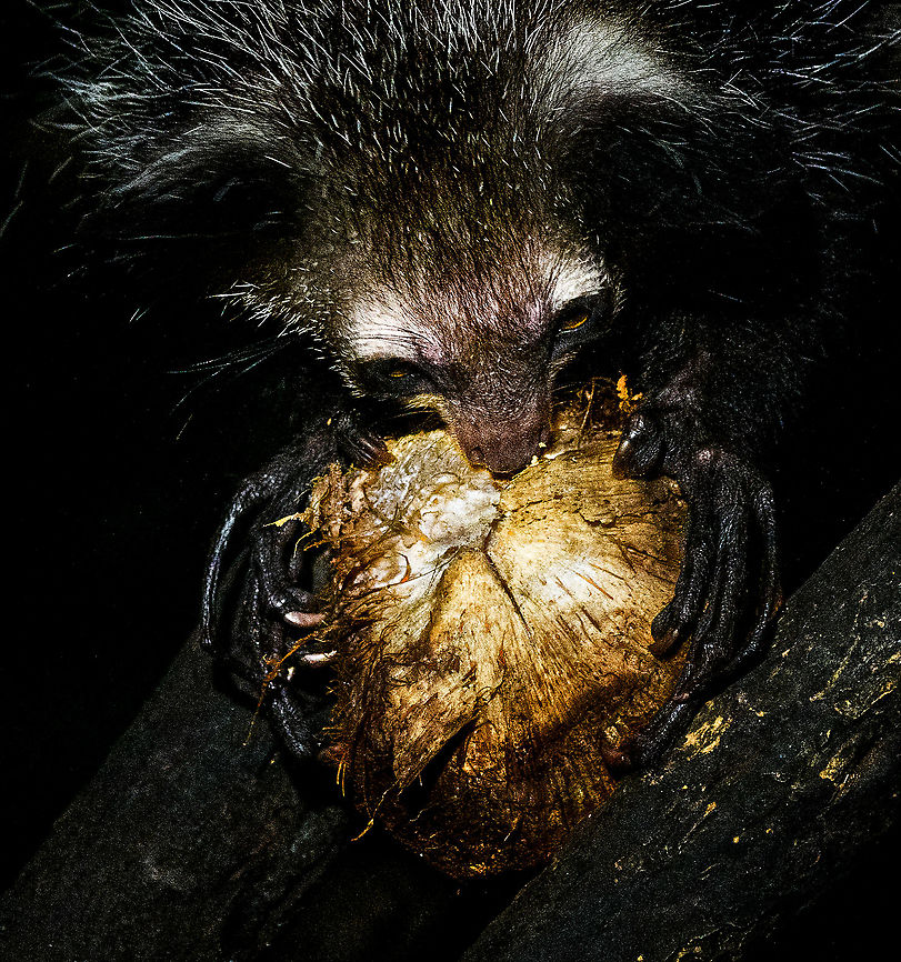 Aye-aye - 2, Palmarium, Madagascar Here it is, the Aye-Aye, the primate woodpecker, rodent, bat or "heh heh", Malagasy for "I don't know". <br />
<br />
"I don't know" is exactly the first thing that popped into my brain upon seeing it. My brain struggled to understand what it was seeing, despite having read about Aye-ayes at a basic level. It just doesn't register or fit into any boxes.<br />
<br />
My second thought was that if I would not know any better, I'd go along with the local superstition that this is a demonic animal. <br />
<br />
Science didn't really know either in earlier times. This creature first was considered a rodent, based on its teeth that perpetually grow and thus must constantly be worn down. It took a long time for it to be considered a primate, and specifically a lemur.<br />
<br />
A very weird primate. Its ears are huge and have inner ridges similar to bats, optimized for echolocation, making this the only primate to use this.<br />
<br />
Echolocation comes into play when its taps its lengthy 3rd finger rapidly on tree tunks to locate insects/larvae inside. Next, it uses its strong teeth to gnawl a hole into the trunk. Finally, it uses its extremely lengthy 4th finger to rapidly pull out the contents, like a machine gun, using a special hooked nail.<br />
<br />
I had always imagined the Aye-aye to be kind of like a Koala: small, slow, and vulnerable. I was wrong at every level. It's pretty large, combined with the tail above 1m in length. It's very fast and escapes a scene in about 2 seconds. It's teeth and fingers are not careful or fragile tools, they're like power tools. <br />
<br />
The backstory: from Palmarium, on dry nights, you can take a boat to an uninhabited island. On the island live 6-8 Aye-ayes. They are typically in the canopy of a mangrove forest. Coconuts are strategically placed at a lower level to lure them down. Flash lights and camera flash are disallowed, yet when the lure action is succesful, a relatively weak area light shines on the feeding Aye-aye, which does not seem to disturb them.<br />
<br />
Photographing them is challenging due to the lack of flash and the light source being quite weak, but it can be done with some special measures.<br />
<br />
To Henriette and me, the Aye-aye was this year's trophy and a proper closure on 3 years of Madagascar, so I'm going to be generous in sharing many shots of this fantastic animal. We're not done with the set though, not quite yet.<br />
<br />
<figure class="photo"><a href="https://www.jungledragon.com/image/87321/aye-aye_-_1_palmarium_madagascar.html" title="Aye-aye - 1, Palmarium, Madagascar"><img src="https://s3.amazonaws.com/media.jungledragon.com/images/2/87321_thumb.jpg?AWSAccessKeyId=05GMT0V3GWVNE7GGM1R2&Expires=1770854410&Signature=8atIgKM%2F%2FKN5CRm%2BTJWfdKwNcE0%3D" width="200" height="130" alt="Aye-aye - 1, Palmarium, Madagascar Here it is, the Aye-Aye, the primate woodpecker, rodent, bat or "heh heh", Malagasy for "I don't know". <br />
<br />
"I don't know" is exactly the first thing that popped into my brain upon seeing it. My brain struggled to understand what it was seeing, despite having read about Aye-ayes at a basic level. It just doesn't register or fit into any boxes.<br />
<br />
My second thought was that if I would not know any better, I'd go along with the local superstition that this is a demonic animal. <br />
<br />
Science didn't really know either in earlier times. This creature first was considered a rodent, based on its teeth that perpetually grow and thus must constantly be worn down. It took a long time for it to be considered a primate, and specifically a lemur.<br />
<br />
A very weird primate. Its ears are huge and have inner ridges similar to bats, optimized for echolocation, making this the only primate to use this.<br />
<br />
Echolocation comes into play when its taps its lengthy 3rd finger rapidly on tree tunks to locate insects/larvae inside. Next, it uses its strong teeth to gnawl a hole into the trunk. Finally, it uses its extremely lengthy 4th finger to rapidly pull out the contents, like a machine gun, using a special hooked nail.<br />
<br />
I had always imagined the Aye-aye to be kind of like a Koala: small, slow, and vulnerable. I was wrong at every level. It's pretty large, combined with the tail above 1m in length. It's very fast and escapes a scene in about 2 seconds. It's teeth and fingers are not careful or fragile tools, they're like power tools. <br />
<br />
The backstory: from Palmarium, on dry nights, you can take a boat to an uninhabited island. On the island live 6-8 Aye-ayes. They are typically in the canopy of a mangrove forest. Coconuts are strategically placed at a lower level to lure them down. Flash lights and camera flash are disallowed, yet when the lure action is succesful, a relatively weak area light shines on the feeding Aye-aye, which does not seem to disturb them.<br />
<br />
Photographing them is challenging due to the lack of flash and the light source being quite weak, but it can be done with some special measures.<br />
<br />
To Henriette and me, the Aye-aye was this year's trophy and a proper closure on 3 years of Madagascar, so I'm going to be generous in sharing many shots of this fantastic animal. We're not done with the set though, not quite yet.<br />
<br />
https://www.jungledragon.com/image/87322/aye-aye_-_2_palmarium_madagascar.html<br />
https://www.jungledragon.com/image/87323/aye-aye_-_3_palmarium_madagascar.html<br />
https://www.jungledragon.com/image/87324/aye-aye_-_4_palmarium_madagascar.html<br />
https://www.jungledragon.com/image/87325/aye-aye_-_5_palmarium_madagascar.html<br />
https://www.jungledragon.com/image/87326/aye-aye_-_6_palmarium_madagascar.html<br />
https://www.jungledragon.com/image/87327/aye-aye_-_7_palmarium_madagascar.html<br />
https://www.jungledragon.com/image/87328/aye-aye_-_8_palmarium_madagascar.html<br />
https://www.jungledragon.com/image/87329/aye-aye_-_9_palmarium_madagascar.html<br />
https://www.jungledragon.com/image/87330/aye-aye_-_10_palmarium_madagascar.html<br />
https://www.jungledragon.com/image/87331/aye-aye_-_11_palmarium_madagascar.html<br />
https://www.jungledragon.com/image/87332/aye-aye_-_12_palmarium_madagascar.html<br />
https://www.jungledragon.com/image/87333/aye-aye_-_13_palmarium_madagascar.html<br />
https://www.jungledragon.com/image/87334/aye-aye_-_14_palmarium_madagascar.html<br />
https://www.jungledragon.com/image/87335/aye-aye_-_15_palmarium_madagascar.html<br />
https://www.jungledragon.com/image/87336/aye-aye_-_16_palmarium_madagascar.html<br />
https://www.jungledragon.com/image/87337/aye-aye_-_17_palmarium_madagascar.html<br />
https://www.jungledragon.com/image/87338/aye-aye_-_18_palmarium_madagascar.html<br />
https://www.jungledragon.com/image/87339/aye-aye_-_19_palmarium_madagascar.html<br />
https://www.jungledragon.com/image/87340/aye-aye_-_20_palmarium_madagascar.html<br />
<br />
https://www.youtube.com/watch?v=295rx5Dqsf4 Africa,Aye-aye,Daubentonia madagascariensis,Geotagged,Madagascar,Madagascar 2019,Palmarium reserve,Winter,World" /></a></figure><br />
<figure class="photo"><a href="https://www.jungledragon.com/image/87323/aye-aye_-_3_palmarium_madagascar.html" title="Aye-aye - 3, Palmarium, Madagascar"><img src="https://s3.amazonaws.com/media.jungledragon.com/images/2/87323_thumb.jpg?AWSAccessKeyId=05GMT0V3GWVNE7GGM1R2&Expires=1770854410&Signature=tCpGlcYgBPRTw5xTCj6aWvujYYU%3D" width="124" height="152" alt="Aye-aye - 3, Palmarium, Madagascar Here it is, the Aye-Aye, the primate woodpecker, rodent, bat or "heh heh", Malagasy for "I don't know". <br />
<br />
"I don't know" is exactly the first thing that popped into my brain upon seeing it. My brain struggled to understand what it was seeing, despite having read about Aye-ayes at a basic level. It just doesn't register or fit into any boxes.<br />
<br />
My second thought was that if I would not know any better, I'd go along with the local superstition that this is a demonic animal. <br />
<br />
Science didn't really know either in earlier times. This creature first was considered a rodent, based on its teeth that perpetually grow and thus must constantly be worn down. It took a long time for it to be considered a primate, and specifically a lemur.<br />
<br />
A very weird primate. Its ears are huge and have inner ridges similar to bats, optimized for echolocation, making this the only primate to use this.<br />
<br />
Echolocation comes into play when its taps its lengthy 3rd finger rapidly on tree tunks to locate insects/larvae inside. Next, it uses its strong teeth to gnawl a hole into the trunk. Finally, it uses its extremely lengthy 4th finger to rapidly pull out the contents, like a machine gun, using a special hooked nail.<br />
<br />
I had always imagined the Aye-aye to be kind of like a Koala: small, slow, and vulnerable. I was wrong at every level. It's pretty large, combined with the tail above 1m in length. It's very fast and escapes a scene in about 2 seconds. It's teeth and fingers are not careful or fragile tools, they're like power tools. <br />
<br />
The backstory: from Palmarium, on dry nights, you can take a boat to an uninhabited island. On the island live 6-8 Aye-ayes. They are typically in the canopy of a mangrove forest. Coconuts are strategically placed at a lower level to lure them down. Flash lights and camera flash are disallowed, yet when the lure action is succesful, a relatively weak area light shines on the feeding Aye-aye, which does not seem to disturb them.<br />
<br />
Photographing them is challenging due to the lack of flash and the light source being quite weak, but it can be done with some special measures.<br />
<br />
To Henriette and me, the Aye-aye was this year's trophy and a proper closure on 3 years of Madagascar, so I'm going to be generous in sharing many shots of this fantastic animal. We're not done with the set though, not quite yet.<br />
<br />
https://www.jungledragon.com/image/87321/aye-aye_-_1_palmarium_madagascar.html<br />
https://www.jungledragon.com/image/87322/aye-aye_-_2_palmarium_madagascar.html<br />
https://www.jungledragon.com/image/87324/aye-aye_-_4_palmarium_madagascar.html<br />
https://www.jungledragon.com/image/87325/aye-aye_-_5_palmarium_madagascar.html<br />
https://www.jungledragon.com/image/87326/aye-aye_-_6_palmarium_madagascar.html<br />
https://www.jungledragon.com/image/87327/aye-aye_-_7_palmarium_madagascar.html<br />
https://www.jungledragon.com/image/87328/aye-aye_-_8_palmarium_madagascar.html<br />
https://www.jungledragon.com/image/87329/aye-aye_-_9_palmarium_madagascar.html<br />
https://www.jungledragon.com/image/87330/aye-aye_-_10_palmarium_madagascar.html<br />
https://www.jungledragon.com/image/87331/aye-aye_-_11_palmarium_madagascar.html<br />
https://www.jungledragon.com/image/87332/aye-aye_-_12_palmarium_madagascar.html<br />
https://www.jungledragon.com/image/87333/aye-aye_-_13_palmarium_madagascar.html<br />
https://www.jungledragon.com/image/87334/aye-aye_-_14_palmarium_madagascar.html<br />
https://www.jungledragon.com/image/87335/aye-aye_-_15_palmarium_madagascar.html<br />
https://www.jungledragon.com/image/87336/aye-aye_-_16_palmarium_madagascar.html<br />
https://www.jungledragon.com/image/87337/aye-aye_-_17_palmarium_madagascar.html<br />
https://www.jungledragon.com/image/87338/aye-aye_-_18_palmarium_madagascar.html<br />
https://www.jungledragon.com/image/87339/aye-aye_-_19_palmarium_madagascar.html<br />
https://www.jungledragon.com/image/87340/aye-aye_-_20_palmarium_madagascar.html<br />
<br />
https://www.youtube.com/watch?v=295rx5Dqsf4 Africa,Aye-aye,Daubentonia madagascariensis,Madagascar,Madagascar 2019,Palmarium reserve,World" /></a></figure><br />
<figure class="photo"><a href="https://www.jungledragon.com/image/87324/aye-aye_-_4_palmarium_madagascar.html" title="Aye-aye - 4, Palmarium, Madagascar"><img src="https://s3.amazonaws.com/media.jungledragon.com/images/2/87324_thumb.jpg?AWSAccessKeyId=05GMT0V3GWVNE7GGM1R2&Expires=1770854410&Signature=%2FL2L9ttN%2FtYoD5c8PyjSFrWWqJk%3D" width="200" height="166" alt="Aye-aye - 4, Palmarium, Madagascar Here it is, the Aye-Aye, the primate woodpecker, rodent, bat or "heh heh", Malagasy for "I don't know". <br />
<br />
"I don't know" is exactly the first thing that popped into my brain upon seeing it. My brain struggled to understand what it was seeing, despite having read about Aye-ayes at a basic level. It just doesn't register or fit into any boxes.<br />
<br />
My second thought was that if I would not know any better, I'd go along with the local superstition that this is a demonic animal. <br />
<br />
Science didn't really know either in earlier times. This creature first was considered a rodent, based on its teeth that perpetually grow and thus must constantly be worn down. It took a long time for it to be considered a primate, and specifically a lemur.<br />
<br />
A very weird primate. Its ears are huge and have inner ridges similar to bats, optimized for echolocation, making this the only primate to use this.<br />
<br />
Echolocation comes into play when its taps its lengthy 3rd finger rapidly on tree tunks to locate insects/larvae inside. Next, it uses its strong teeth to gnawl a hole into the trunk. Finally, it uses its extremely lengthy 4th finger to rapidly pull out the contents, like a machine gun, using a special hooked nail.<br />
<br />
I had always imagined the Aye-aye to be kind of like a Koala: small, slow, and vulnerable. I was wrong at every level. It's pretty large, combined with the tail above 1m in length. It's very fast and escapes a scene in about 2 seconds. It's teeth and fingers are not careful or fragile tools, they're like power tools. <br />
<br />
The backstory: from Palmarium, on dry nights, you can take a boat to an uninhabited island. On the island live 6-8 Aye-ayes. They are typically in the canopy of a mangrove forest. Coconuts are strategically placed at a lower level to lure them down. Flash lights and camera flash are disallowed, yet when the lure action is succesful, a relatively weak area light shines on the feeding Aye-aye, which does not seem to disturb them.<br />
<br />
Photographing them is challenging due to the lack of flash and the light source being quite weak, but it can be done with some special measures.<br />
<br />
To Henriette and me, the Aye-aye was this year's trophy and a proper closure on 3 years of Madagascar, so I'm going to be generous in sharing many shots of this fantastic animal. We're not done with the set though, not quite yet.<br />
<br />
https://www.jungledragon.com/image/87321/aye-aye_-_1_palmarium_madagascar.html<br />
https://www.jungledragon.com/image/87322/aye-aye_-_2_palmarium_madagascar.html<br />
https://www.jungledragon.com/image/87323/aye-aye_-_3_palmarium_madagascar.html<br />
https://www.jungledragon.com/image/87325/aye-aye_-_5_palmarium_madagascar.html<br />
https://www.jungledragon.com/image/87326/aye-aye_-_6_palmarium_madagascar.html<br />
https://www.jungledragon.com/image/87327/aye-aye_-_7_palmarium_madagascar.html<br />
https://www.jungledragon.com/image/87328/aye-aye_-_8_palmarium_madagascar.html<br />
https://www.jungledragon.com/image/87329/aye-aye_-_9_palmarium_madagascar.html<br />
https://www.jungledragon.com/image/87330/aye-aye_-_10_palmarium_madagascar.html<br />
https://www.jungledragon.com/image/87331/aye-aye_-_11_palmarium_madagascar.html<br />
https://www.jungledragon.com/image/87332/aye-aye_-_12_palmarium_madagascar.html<br />
https://www.jungledragon.com/image/87333/aye-aye_-_13_palmarium_madagascar.html<br />
https://www.jungledragon.com/image/87334/aye-aye_-_14_palmarium_madagascar.html<br />
https://www.jungledragon.com/image/87335/aye-aye_-_15_palmarium_madagascar.html<br />
https://www.jungledragon.com/image/87336/aye-aye_-_16_palmarium_madagascar.html<br />
https://www.jungledragon.com/image/87337/aye-aye_-_17_palmarium_madagascar.html<br />
https://www.jungledragon.com/image/87338/aye-aye_-_18_palmarium_madagascar.html<br />
https://www.jungledragon.com/image/87339/aye-aye_-_19_palmarium_madagascar.html<br />
https://www.jungledragon.com/image/87340/aye-aye_-_20_palmarium_madagascar.html<br />
<br />
https://www.youtube.com/watch?v=295rx5Dqsf4 Africa,Aye-aye,Daubentonia madagascariensis,Geotagged,Madagascar,Madagascar 2019,Palmarium reserve,Winter,World" /></a></figure><br />
<figure class="photo"><a href="https://www.jungledragon.com/image/87325/aye-aye_-_5_palmarium_madagascar.html" title="Aye-aye - 5, Palmarium, Madagascar"><img src="https://s3.amazonaws.com/media.jungledragon.com/images/2/87325_thumb.jpg?AWSAccessKeyId=05GMT0V3GWVNE7GGM1R2&Expires=1770854410&Signature=yNPx2MIE5jFIieysb5IO3fnIKHk%3D" width="200" height="134" alt="Aye-aye - 5, Palmarium, Madagascar Here it is, the Aye-Aye, the primate woodpecker, rodent, bat or "heh heh", Malagasy for "I don't know". <br />
<br />
"I don't know" is exactly the first thing that popped into my brain upon seeing it. My brain struggled to understand what it was seeing, despite having read about Aye-ayes at a basic level. It just doesn't register or fit into any boxes.<br />
<br />
My second thought was that if I would not know any better, I'd go along with the local superstition that this is a demonic animal. <br />
<br />
Science didn't really know either in earlier times. This creature first was considered a rodent, based on its teeth that perpetually grow and thus must constantly be worn down. It took a long time for it to be considered a primate, and specifically a lemur.<br />
<br />
A very weird primate. Its ears are huge and have inner ridges similar to bats, optimized for echolocation, making this the only primate to use this.<br />
<br />
Echolocation comes into play when its taps its lengthy 3rd finger rapidly on tree tunks to locate insects/larvae inside. Next, it uses its strong teeth to gnawl a hole into the trunk. Finally, it uses its extremely lengthy 4th finger to rapidly pull out the contents, like a machine gun, using a special hooked nail.<br />
<br />
I had always imagined the Aye-aye to be kind of like a Koala: small, slow, and vulnerable. I was wrong at every level. It's pretty large, combined with the tail above 1m in length. It's very fast and escapes a scene in about 2 seconds. It's teeth and fingers are not careful or fragile tools, they're like power tools. <br />
<br />
The backstory: from Palmarium, on dry nights, you can take a boat to an uninhabited island. On the island live 6-8 Aye-ayes. They are typically in the canopy of a mangrove forest. Coconuts are strategically placed at a lower level to lure them down. Flash lights and camera flash are disallowed, yet when the lure action is succesful, a relatively weak area light shines on the feeding Aye-aye, which does not seem to disturb them.<br />
<br />
Photographing them is challenging due to the lack of flash and the light source being quite weak, but it can be done with some special measures.<br />
<br />
To Henriette and me, the Aye-aye was this year's trophy and a proper closure on 3 years of Madagascar, so I'm going to be generous in sharing many shots of this fantastic animal. We're not done with the set though, not quite yet.<br />
<br />
https://www.jungledragon.com/image/87321/aye-aye_-_1_palmarium_madagascar.html<br />
https://www.jungledragon.com/image/87322/aye-aye_-_2_palmarium_madagascar.html<br />
https://www.jungledragon.com/image/87323/aye-aye_-_3_palmarium_madagascar.html<br />
https://www.jungledragon.com/image/87324/aye-aye_-_4_palmarium_madagascar.html<br />
https://www.jungledragon.com/image/87326/aye-aye_-_6_palmarium_madagascar.html<br />
https://www.jungledragon.com/image/87327/aye-aye_-_7_palmarium_madagascar.html<br />
https://www.jungledragon.com/image/87328/aye-aye_-_8_palmarium_madagascar.html<br />
https://www.jungledragon.com/image/87329/aye-aye_-_9_palmarium_madagascar.html<br />
https://www.jungledragon.com/image/87330/aye-aye_-_10_palmarium_madagascar.html<br />
https://www.jungledragon.com/image/87331/aye-aye_-_11_palmarium_madagascar.html<br />
https://www.jungledragon.com/image/87332/aye-aye_-_12_palmarium_madagascar.html<br />
https://www.jungledragon.com/image/87333/aye-aye_-_13_palmarium_madagascar.html<br />
https://www.jungledragon.com/image/87334/aye-aye_-_14_palmarium_madagascar.html<br />
https://www.jungledragon.com/image/87335/aye-aye_-_15_palmarium_madagascar.html<br />
https://www.jungledragon.com/image/87336/aye-aye_-_16_palmarium_madagascar.html<br />
https://www.jungledragon.com/image/87337/aye-aye_-_17_palmarium_madagascar.html<br />
https://www.jungledragon.com/image/87338/aye-aye_-_18_palmarium_madagascar.html<br />
https://www.jungledragon.com/image/87339/aye-aye_-_19_palmarium_madagascar.html<br />
https://www.jungledragon.com/image/87340/aye-aye_-_20_palmarium_madagascar.html<br />
<br />
https://www.youtube.com/watch?v=295rx5Dqsf4 Africa,Aye-aye,Daubentonia madagascariensis,Geotagged,Madagascar,Madagascar 2019,Palmarium reserve,Winter,World" /></a></figure><br />
<figure class="photo"><a href="https://www.jungledragon.com/image/87326/aye-aye_-_6_palmarium_madagascar.html" title="Aye-aye - 6, Palmarium, Madagascar"><img src="https://s3.amazonaws.com/media.jungledragon.com/images/2/87326_thumb.jpg?AWSAccessKeyId=05GMT0V3GWVNE7GGM1R2&Expires=1770854410&Signature=MjJF0jZC23W1IkqkcOMJDARPfkc%3D" width="102" height="152" alt="Aye-aye - 6, Palmarium, Madagascar Here it is, the Aye-Aye, the primate woodpecker, rodent, bat or "heh heh", Malagasy for "I don't know". <br />
<br />
"I don't know" is exactly the first thing that popped into my brain upon seeing it. My brain struggled to understand what it was seeing, despite having read about Aye-ayes at a basic level. It just doesn't register or fit into any boxes.<br />
<br />
My second thought was that if I would not know any better, I'd go along with the local superstition that this is a demonic animal. <br />
<br />
Science didn't really know either in earlier times. This creature first was considered a rodent, based on its teeth that perpetually grow and thus must constantly be worn down. It took a long time for it to be considered a primate, and specifically a lemur.<br />
<br />
A very weird primate. Its ears are huge and have inner ridges similar to bats, optimized for echolocation, making this the only primate to use this.<br />
<br />
Echolocation comes into play when its taps its lengthy 3rd finger rapidly on tree tunks to locate insects/larvae inside. Next, it uses its strong teeth to gnawl a hole into the trunk. Finally, it uses its extremely lengthy 4th finger to rapidly pull out the contents, like a machine gun, using a special hooked nail.<br />
<br />
I had always imagined the Aye-aye to be kind of like a Koala: small, slow, and vulnerable. I was wrong at every level. It's pretty large, combined with the tail above 1m in length. It's very fast and escapes a scene in about 2 seconds. It's teeth and fingers are not careful or fragile tools, they're like power tools. <br />
<br />
The backstory: from Palmarium, on dry nights, you can take a boat to an uninhabited island. On the island live 6-8 Aye-ayes. They are typically in the canopy of a mangrove forest. Coconuts are strategically placed at a lower level to lure them down. Flash lights and camera flash are disallowed, yet when the lure action is succesful, a relatively weak area light shines on the feeding Aye-aye, which does not seem to disturb them.<br />
<br />
Photographing them is challenging due to the lack of flash and the light source being quite weak, but it can be done with some special measures.<br />
<br />
To Henriette and me, the Aye-aye was this year's trophy and a proper closure on 3 years of Madagascar, so I'm going to be generous in sharing many shots of this fantastic animal. We're not done with the set though, not quite yet.<br />
<br />
https://www.jungledragon.com/image/87321/aye-aye_-_1_palmarium_madagascar.html<br />
https://www.jungledragon.com/image/87322/aye-aye_-_2_palmarium_madagascar.html<br />
https://www.jungledragon.com/image/87323/aye-aye_-_3_palmarium_madagascar.html<br />
https://www.jungledragon.com/image/87324/aye-aye_-_4_palmarium_madagascar.html<br />
https://www.jungledragon.com/image/87325/aye-aye_-_5_palmarium_madagascar.html<br />
https://www.jungledragon.com/image/87327/aye-aye_-_7_palmarium_madagascar.html<br />
https://www.jungledragon.com/image/87328/aye-aye_-_8_palmarium_madagascar.html<br />
https://www.jungledragon.com/image/87329/aye-aye_-_9_palmarium_madagascar.html<br />
https://www.jungledragon.com/image/87330/aye-aye_-_10_palmarium_madagascar.html<br />
https://www.jungledragon.com/image/87331/aye-aye_-_11_palmarium_madagascar.html<br />
https://www.jungledragon.com/image/87332/aye-aye_-_12_palmarium_madagascar.html<br />
https://www.jungledragon.com/image/87333/aye-aye_-_13_palmarium_madagascar.html<br />
https://www.jungledragon.com/image/87334/aye-aye_-_14_palmarium_madagascar.html<br />
https://www.jungledragon.com/image/87335/aye-aye_-_15_palmarium_madagascar.html<br />
https://www.jungledragon.com/image/87336/aye-aye_-_16_palmarium_madagascar.html<br />
https://www.jungledragon.com/image/87337/aye-aye_-_17_palmarium_madagascar.html<br />
https://www.jungledragon.com/image/87338/aye-aye_-_18_palmarium_madagascar.html<br />
https://www.jungledragon.com/image/87339/aye-aye_-_19_palmarium_madagascar.html<br />
https://www.jungledragon.com/image/87340/aye-aye_-_20_palmarium_madagascar.html<br />
<br />
https://www.youtube.com/watch?v=295rx5Dqsf4 Africa,Aye-aye,Daubentonia madagascariensis,Geotagged,Madagascar,Madagascar 2019,Palmarium reserve,Winter,World" /></a></figure><br />
<figure class="photo"><a href="https://www.jungledragon.com/image/87327/aye-aye_-_7_palmarium_madagascar.html" title="Aye-aye - 7, Palmarium, Madagascar"><img src="https://s3.amazonaws.com/media.jungledragon.com/images/2/87327_thumb.jpg?AWSAccessKeyId=05GMT0V3GWVNE7GGM1R2&Expires=1770854410&Signature=flEggrTsIWOQCHs6Os1m3F%2BjuEY%3D" width="200" height="170" alt="Aye-aye - 7, Palmarium, Madagascar Here it is, the Aye-Aye, the primate woodpecker, rodent, bat or "heh heh", Malagasy for "I don't know". <br />
<br />
"I don't know" is exactly the first thing that popped into my brain upon seeing it. My brain struggled to understand what it was seeing, despite having read about Aye-ayes at a basic level. It just doesn't register or fit into any boxes.<br />
<br />
My second thought was that if I would not know any better, I'd go along with the local superstition that this is a demonic animal. <br />
<br />
Science didn't really know either in earlier times. This creature first was considered a rodent, based on its teeth that perpetually grow and thus must constantly be worn down. It took a long time for it to be considered a primate, and specifically a lemur.<br />
<br />
A very weird primate. Its ears are huge and have inner ridges similar to bats, optimized for echolocation, making this the only primate to use this.<br />
<br />
Echolocation comes into play when its taps its lengthy 3rd finger rapidly on tree tunks to locate insects/larvae inside. Next, it uses its strong teeth to gnawl a hole into the trunk. Finally, it uses its extremely lengthy 4th finger to rapidly pull out the contents, like a machine gun, using a special hooked nail.<br />
<br />
I had always imagined the Aye-aye to be kind of like a Koala: small, slow, and vulnerable. I was wrong at every level. It's pretty large, combined with the tail above 1m in length. It's very fast and escapes a scene in about 2 seconds. It's teeth and fingers are not careful or fragile tools, they're like power tools. <br />
<br />
The backstory: from Palmarium, on dry nights, you can take a boat to an uninhabited island. On the island live 6-8 Aye-ayes. They are typically in the canopy of a mangrove forest. Coconuts are strategically placed at a lower level to lure them down. Flash lights and camera flash are disallowed, yet when the lure action is succesful, a relatively weak area light shines on the feeding Aye-aye, which does not seem to disturb them.<br />
<br />
Photographing them is challenging due to the lack of flash and the light source being quite weak, but it can be done with some special measures.<br />
<br />
To Henriette and me, the Aye-aye was this year's trophy and a proper closure on 3 years of Madagascar, so I'm going to be generous in sharing many shots of this fantastic animal. We're not done with the set though, not quite yet.<br />
<br />
https://www.jungledragon.com/image/87321/aye-aye_-_1_palmarium_madagascar.html<br />
https://www.jungledragon.com/image/87322/aye-aye_-_2_palmarium_madagascar.html<br />
https://www.jungledragon.com/image/87323/aye-aye_-_3_palmarium_madagascar.html<br />
https://www.jungledragon.com/image/87324/aye-aye_-_4_palmarium_madagascar.html<br />
https://www.jungledragon.com/image/87325/aye-aye_-_5_palmarium_madagascar.html<br />
https://www.jungledragon.com/image/87326/aye-aye_-_6_palmarium_madagascar.html<br />
https://www.jungledragon.com/image/87328/aye-aye_-_8_palmarium_madagascar.html<br />
https://www.jungledragon.com/image/87329/aye-aye_-_9_palmarium_madagascar.html<br />
https://www.jungledragon.com/image/87330/aye-aye_-_10_palmarium_madagascar.html<br />
https://www.jungledragon.com/image/87331/aye-aye_-_11_palmarium_madagascar.html<br />
https://www.jungledragon.com/image/87332/aye-aye_-_12_palmarium_madagascar.html<br />
https://www.jungledragon.com/image/87333/aye-aye_-_13_palmarium_madagascar.html<br />
https://www.jungledragon.com/image/87334/aye-aye_-_14_palmarium_madagascar.html<br />
https://www.jungledragon.com/image/87335/aye-aye_-_15_palmarium_madagascar.html<br />
https://www.jungledragon.com/image/87336/aye-aye_-_16_palmarium_madagascar.html<br />
https://www.jungledragon.com/image/87337/aye-aye_-_17_palmarium_madagascar.html<br />
https://www.jungledragon.com/image/87338/aye-aye_-_18_palmarium_madagascar.html<br />
https://www.jungledragon.com/image/87339/aye-aye_-_19_palmarium_madagascar.html<br />
https://www.jungledragon.com/image/87340/aye-aye_-_20_palmarium_madagascar.html<br />
<br />
https://www.youtube.com/watch?v=295rx5Dqsf4 Africa,Aye-aye,Daubentonia madagascariensis,Geotagged,Madagascar,Madagascar 2019,Palmarium reserve,Winter,World" /></a></figure><br />
<figure class="photo"><a href="https://www.jungledragon.com/image/87328/aye-aye_-_8_palmarium_madagascar.html" title="Aye-aye - 8, Palmarium, Madagascar"><img src="https://s3.amazonaws.com/media.jungledragon.com/images/2/87328_thumb.jpg?AWSAccessKeyId=05GMT0V3GWVNE7GGM1R2&Expires=1770854410&Signature=keWyEmbFs8EmIss5mJAIkA0Mh%2FQ%3D" width="126" height="152" alt="Aye-aye - 8, Palmarium, Madagascar Here it is, the Aye-Aye, the primate woodpecker, rodent, bat or "heh heh", Malagasy for "I don't know". <br />
<br />
"I don't know" is exactly the first thing that popped into my brain upon seeing it. My brain struggled to understand what it was seeing, despite having read about Aye-ayes at a basic level. It just doesn't register or fit into any boxes.<br />
<br />
My second thought was that if I would not know any better, I'd go along with the local superstition that this is a demonic animal. <br />
<br />
Science didn't really know either in earlier times. This creature first was considered a rodent, based on its teeth that perpetually grow and thus must constantly be worn down. It took a long time for it to be considered a primate, and specifically a lemur.<br />
<br />
A very weird primate. Its ears are huge and have inner ridges similar to bats, optimized for echolocation, making this the only primate to use this.<br />
<br />
Echolocation comes into play when its taps its lengthy 3rd finger rapidly on tree tunks to locate insects/larvae inside. Next, it uses its strong teeth to gnawl a hole into the trunk. Finally, it uses its extremely lengthy 4th finger to rapidly pull out the contents, like a machine gun, using a special hooked nail.<br />
<br />
I had always imagined the Aye-aye to be kind of like a Koala: small, slow, and vulnerable. I was wrong at every level. It's pretty large, combined with the tail above 1m in length. It's very fast and escapes a scene in about 2 seconds. It's teeth and fingers are not careful or fragile tools, they're like power tools. <br />
<br />
The backstory: from Palmarium, on dry nights, you can take a boat to an uninhabited island. On the island live 6-8 Aye-ayes. They are typically in the canopy of a mangrove forest. Coconuts are strategically placed at a lower level to lure them down. Flash lights and camera flash are disallowed, yet when the lure action is succesful, a relatively weak area light shines on the feeding Aye-aye, which does not seem to disturb them.<br />
<br />
Photographing them is challenging due to the lack of flash and the light source being quite weak, but it can be done with some special measures.<br />
<br />
To Henriette and me, the Aye-aye was this year's trophy and a proper closure on 3 years of Madagascar, so I'm going to be generous in sharing many shots of this fantastic animal. We're not done with the set though, not quite yet.<br />
<br />
https://www.jungledragon.com/image/87321/aye-aye_-_1_palmarium_madagascar.html<br />
https://www.jungledragon.com/image/87322/aye-aye_-_2_palmarium_madagascar.html<br />
https://www.jungledragon.com/image/87323/aye-aye_-_3_palmarium_madagascar.html<br />
https://www.jungledragon.com/image/87324/aye-aye_-_4_palmarium_madagascar.html<br />
https://www.jungledragon.com/image/87325/aye-aye_-_5_palmarium_madagascar.html<br />
https://www.jungledragon.com/image/87326/aye-aye_-_6_palmarium_madagascar.html<br />
https://www.jungledragon.com/image/87327/aye-aye_-_7_palmarium_madagascar.html<br />
https://www.jungledragon.com/image/87329/aye-aye_-_9_palmarium_madagascar.html<br />
https://www.jungledragon.com/image/87330/aye-aye_-_10_palmarium_madagascar.html<br />
https://www.jungledragon.com/image/87331/aye-aye_-_11_palmarium_madagascar.html<br />
https://www.jungledragon.com/image/87332/aye-aye_-_12_palmarium_madagascar.html<br />
https://www.jungledragon.com/image/87333/aye-aye_-_13_palmarium_madagascar.html<br />
https://www.jungledragon.com/image/87334/aye-aye_-_14_palmarium_madagascar.html<br />
https://www.jungledragon.com/image/87335/aye-aye_-_15_palmarium_madagascar.html<br />
https://www.jungledragon.com/image/87336/aye-aye_-_16_palmarium_madagascar.html<br />
https://www.jungledragon.com/image/87337/aye-aye_-_17_palmarium_madagascar.html<br />
https://www.jungledragon.com/image/87338/aye-aye_-_18_palmarium_madagascar.html<br />
https://www.jungledragon.com/image/87339/aye-aye_-_19_palmarium_madagascar.html<br />
https://www.jungledragon.com/image/87340/aye-aye_-_20_palmarium_madagascar.html<br />
<br />
https://www.youtube.com/watch?v=295rx5Dqsf4 Africa,Aye-aye,Daubentonia madagascariensis,Geotagged,Madagascar,Madagascar 2019,Palmarium reserve,Winter,World" /></a></figure><br />
<figure class="photo"><a href="https://www.jungledragon.com/image/87329/aye-aye_-_9_palmarium_madagascar.html" title="Aye-aye - 9, Palmarium, Madagascar"><img src="https://s3.amazonaws.com/media.jungledragon.com/images/2/87329_thumb.jpg?AWSAccessKeyId=05GMT0V3GWVNE7GGM1R2&Expires=1770854410&Signature=swhy3DXVd89DJwBSkIkghoW0Z9c%3D" width="200" height="172" alt="Aye-aye - 9, Palmarium, Madagascar Here it is, the Aye-Aye, the primate woodpecker, rodent, bat or "heh heh", Malagasy for "I don't know". <br />
<br />
"I don't know" is exactly the first thing that popped into my brain upon seeing it. My brain struggled to understand what it was seeing, despite having read about Aye-ayes at a basic level. It just doesn't register or fit into any boxes.<br />
<br />
My second thought was that if I would not know any better, I'd go along with the local superstition that this is a demonic animal. <br />
<br />
Science didn't really know either in earlier times. This creature first was considered a rodent, based on its teeth that perpetually grow and thus must constantly be worn down. It took a long time for it to be considered a primate, and specifically a lemur.<br />
<br />
A very weird primate. Its ears are huge and have inner ridges similar to bats, optimized for echolocation, making this the only primate to use this.<br />
<br />
Echolocation comes into play when its taps its lengthy 3rd finger rapidly on tree tunks to locate insects/larvae inside. Next, it uses its strong teeth to gnawl a hole into the trunk. Finally, it uses its extremely lengthy 4th finger to rapidly pull out the contents, like a machine gun, using a special hooked nail.<br />
<br />
I had always imagined the Aye-aye to be kind of like a Koala: small, slow, and vulnerable. I was wrong at every level. It's pretty large, combined with the tail above 1m in length. It's very fast and escapes a scene in about 2 seconds. It's teeth and fingers are not careful or fragile tools, they're like power tools. <br />
<br />
The backstory: from Palmarium, on dry nights, you can take a boat to an uninhabited island. On the island live 6-8 Aye-ayes. They are typically in the canopy of a mangrove forest. Coconuts are strategically placed at a lower level to lure them down. Flash lights and camera flash are disallowed, yet when the lure action is succesful, a relatively weak area light shines on the feeding Aye-aye, which does not seem to disturb them.<br />
<br />
Photographing them is challenging due to the lack of flash and the light source being quite weak, but it can be done with some special measures.<br />
<br />
To Henriette and me, the Aye-aye was this year's trophy and a proper closure on 3 years of Madagascar, so I'm going to be generous in sharing many shots of this fantastic animal. We're not done with the set though, not quite yet.<br />
<br />
https://www.jungledragon.com/image/87321/aye-aye_-_1_palmarium_madagascar.html<br />
https://www.jungledragon.com/image/87322/aye-aye_-_2_palmarium_madagascar.html<br />
https://www.jungledragon.com/image/87323/aye-aye_-_3_palmarium_madagascar.html<br />
https://www.jungledragon.com/image/87324/aye-aye_-_4_palmarium_madagascar.html<br />
https://www.jungledragon.com/image/87325/aye-aye_-_5_palmarium_madagascar.html<br />
https://www.jungledragon.com/image/87326/aye-aye_-_6_palmarium_madagascar.html<br />
https://www.jungledragon.com/image/87327/aye-aye_-_7_palmarium_madagascar.html<br />
https://www.jungledragon.com/image/87328/aye-aye_-_8_palmarium_madagascar.html<br />
https://www.jungledragon.com/image/87330/aye-aye_-_10_palmarium_madagascar.html<br />
https://www.jungledragon.com/image/87331/aye-aye_-_11_palmarium_madagascar.html<br />
https://www.jungledragon.com/image/87332/aye-aye_-_12_palmarium_madagascar.html<br />
https://www.jungledragon.com/image/87333/aye-aye_-_13_palmarium_madagascar.html<br />
https://www.jungledragon.com/image/87334/aye-aye_-_14_palmarium_madagascar.html<br />
https://www.jungledragon.com/image/87335/aye-aye_-_15_palmarium_madagascar.html<br />
https://www.jungledragon.com/image/87336/aye-aye_-_16_palmarium_madagascar.html<br />
https://www.jungledragon.com/image/87337/aye-aye_-_17_palmarium_madagascar.html<br />
https://www.jungledragon.com/image/87338/aye-aye_-_18_palmarium_madagascar.html<br />
https://www.jungledragon.com/image/87339/aye-aye_-_19_palmarium_madagascar.html<br />
https://www.jungledragon.com/image/87340/aye-aye_-_20_palmarium_madagascar.html<br />
<br />
https://www.youtube.com/watch?v=295rx5Dqsf4 Africa,Aye-aye,Daubentonia madagascariensis,Geotagged,Madagascar,Madagascar 2019,Palmarium reserve,Winter,World" /></a></figure><br />
<figure class="photo"><a href="https://www.jungledragon.com/image/87330/aye-aye_-_10_palmarium_madagascar.html" title="Aye-aye - 10, Palmarium, Madagascar"><img src="https://s3.amazonaws.com/media.jungledragon.com/images/2/87330_thumb.jpg?AWSAccessKeyId=05GMT0V3GWVNE7GGM1R2&Expires=1770854410&Signature=D892RuqzKpREmGVdOKMIAfYeCec%3D" width="200" height="114" alt="Aye-aye - 10, Palmarium, Madagascar Here it is, the Aye-Aye, the primate woodpecker, rodent, bat or "heh heh", Malagasy for "I don't know". <br />
<br />
"I don't know" is exactly the first thing that popped into my brain upon seeing it. My brain struggled to understand what it was seeing, despite having read about Aye-ayes at a basic level. It just doesn't register or fit into any boxes.<br />
<br />
My second thought was that if I would not know any better, I'd go along with the local superstition that this is a demonic animal. <br />
<br />
Science didn't really know either in earlier times. This creature first was considered a rodent, based on its teeth that perpetually grow and thus must constantly be worn down. It took a long time for it to be considered a primate, and specifically a lemur.<br />
<br />
A very weird primate. Its ears are huge and have inner ridges similar to bats, optimized for echolocation, making this the only primate to use this.<br />
<br />
Echolocation comes into play when its taps its lengthy 3rd finger rapidly on tree tunks to locate insects/larvae inside. Next, it uses its strong teeth to gnawl a hole into the trunk. Finally, it uses its extremely lengthy 4th finger to rapidly pull out the contents, like a machine gun, using a special hooked nail.<br />
<br />
I had always imagined the Aye-aye to be kind of like a Koala: small, slow, and vulnerable. I was wrong at every level. It's pretty large, combined with the tail above 1m in length. It's very fast and escapes a scene in about 2 seconds. It's teeth and fingers are not careful or fragile tools, they're like power tools. <br />
<br />
The backstory: from Palmarium, on dry nights, you can take a boat to an uninhabited island. On the island live 6-8 Aye-ayes. They are typically in the canopy of a mangrove forest. Coconuts are strategically placed at a lower level to lure them down. Flash lights and camera flash are disallowed, yet when the lure action is succesful, a relatively weak area light shines on the feeding Aye-aye, which does not seem to disturb them.<br />
<br />
Photographing them is challenging due to the lack of flash and the light source being quite weak, but it can be done with some special measures.<br />
<br />
To Henriette and me, the Aye-aye was this year's trophy and a proper closure on 3 years of Madagascar, so I'm going to be generous in sharing many shots of this fantastic animal. We're not done with the set though, not quite yet.<br />
<br />
https://www.jungledragon.com/image/87321/aye-aye_-_1_palmarium_madagascar.html<br />
https://www.jungledragon.com/image/87322/aye-aye_-_2_palmarium_madagascar.html<br />
https://www.jungledragon.com/image/87323/aye-aye_-_3_palmarium_madagascar.html<br />
https://www.jungledragon.com/image/87324/aye-aye_-_4_palmarium_madagascar.html<br />
https://www.jungledragon.com/image/87325/aye-aye_-_5_palmarium_madagascar.html<br />
https://www.jungledragon.com/image/87326/aye-aye_-_6_palmarium_madagascar.html<br />
https://www.jungledragon.com/image/87327/aye-aye_-_7_palmarium_madagascar.html<br />
https://www.jungledragon.com/image/87328/aye-aye_-_8_palmarium_madagascar.html<br />
https://www.jungledragon.com/image/87329/aye-aye_-_9_palmarium_madagascar.html<br />
https://www.jungledragon.com/image/87331/aye-aye_-_11_palmarium_madagascar.html<br />
https://www.jungledragon.com/image/87332/aye-aye_-_12_palmarium_madagascar.html<br />
https://www.jungledragon.com/image/87333/aye-aye_-_13_palmarium_madagascar.html<br />
https://www.jungledragon.com/image/87334/aye-aye_-_14_palmarium_madagascar.html<br />
https://www.jungledragon.com/image/87335/aye-aye_-_15_palmarium_madagascar.html<br />
https://www.jungledragon.com/image/87336/aye-aye_-_16_palmarium_madagascar.html<br />
https://www.jungledragon.com/image/87337/aye-aye_-_17_palmarium_madagascar.html<br />
https://www.jungledragon.com/image/87338/aye-aye_-_18_palmarium_madagascar.html<br />
https://www.jungledragon.com/image/87339/aye-aye_-_19_palmarium_madagascar.html<br />
https://www.jungledragon.com/image/87340/aye-aye_-_20_palmarium_madagascar.html<br />
<br />
https://www.youtube.com/watch?v=295rx5Dqsf4 Africa,Aye-aye,Daubentonia madagascariensis,Geotagged,Madagascar,Madagascar 2019,Palmarium reserve,Winter,World" /></a></figure><br />
<figure class="photo"><a href="https://www.jungledragon.com/image/87331/aye-aye_-_11_palmarium_madagascar.html" title="Aye-aye - 11, Palmarium, Madagascar"><img src="https://s3.amazonaws.com/media.jungledragon.com/images/2/87331_thumb.jpg?AWSAccessKeyId=05GMT0V3GWVNE7GGM1R2&Expires=1770854410&Signature=AZP72WxjzOb2v%2FcYucx8XY%2BfN%2Fw%3D" width="152" height="152" alt="Aye-aye - 11, Palmarium, Madagascar Here it is, the Aye-Aye, the primate woodpecker, rodent, bat or "heh heh", Malagasy for "I don't know". <br />
<br />
"I don't know" is exactly the first thing that popped into my brain upon seeing it. My brain struggled to understand what it was seeing, despite having read about Aye-ayes at a basic level. It just doesn't register or fit into any boxes.<br />
<br />
My second thought was that if I would not know any better, I'd go along with the local superstition that this is a demonic animal. <br />
<br />
Science didn't really know either in earlier times. This creature first was considered a rodent, based on its teeth that perpetually grow and thus must constantly be worn down. It took a long time for it to be considered a primate, and specifically a lemur.<br />
<br />
A very weird primate. Its ears are huge and have inner ridges similar to bats, optimized for echolocation, making this the only primate to use this.<br />
<br />
Echolocation comes into play when its taps its lengthy 3rd finger rapidly on tree tunks to locate insects/larvae inside. Next, it uses its strong teeth to gnawl a hole into the trunk. Finally, it uses its extremely lengthy 4th finger to rapidly pull out the contents, like a machine gun, using a special hooked nail.<br />
<br />
I had always imagined the Aye-aye to be kind of like a Koala: small, slow, and vulnerable. I was wrong at every level. It's pretty large, combined with the tail above 1m in length. It's very fast and escapes a scene in about 2 seconds. It's teeth and fingers are not careful or fragile tools, they're like power tools. <br />
<br />
The backstory: from Palmarium, on dry nights, you can take a boat to an uninhabited island. On the island live 6-8 Aye-ayes. They are typically in the canopy of a mangrove forest. Coconuts are strategically placed at a lower level to lure them down. Flash lights and camera flash are disallowed, yet when the lure action is succesful, a relatively weak area light shines on the feeding Aye-aye, which does not seem to disturb them.<br />
<br />
Photographing them is challenging due to the lack of flash and the light source being quite weak, but it can be done with some special measures.<br />
<br />
To Henriette and me, the Aye-aye was this year's trophy and a proper closure on 3 years of Madagascar, so I'm going to be generous in sharing many shots of this fantastic animal. We're not done with the set though, not quite yet.<br />
<br />
https://www.jungledragon.com/image/87321/aye-aye_-_1_palmarium_madagascar.html<br />
https://www.jungledragon.com/image/87322/aye-aye_-_2_palmarium_madagascar.html<br />
https://www.jungledragon.com/image/87323/aye-aye_-_3_palmarium_madagascar.html<br />
https://www.jungledragon.com/image/87324/aye-aye_-_4_palmarium_madagascar.html<br />
https://www.jungledragon.com/image/87325/aye-aye_-_5_palmarium_madagascar.html<br />
https://www.jungledragon.com/image/87326/aye-aye_-_6_palmarium_madagascar.html<br />
https://www.jungledragon.com/image/87327/aye-aye_-_7_palmarium_madagascar.html<br />
https://www.jungledragon.com/image/87328/aye-aye_-_8_palmarium_madagascar.html<br />
https://www.jungledragon.com/image/87329/aye-aye_-_9_palmarium_madagascar.html<br />
https://www.jungledragon.com/image/87330/aye-aye_-_10_palmarium_madagascar.html<br />
https://www.jungledragon.com/image/87332/aye-aye_-_12_palmarium_madagascar.html<br />
https://www.jungledragon.com/image/87333/aye-aye_-_13_palmarium_madagascar.html<br />
https://www.jungledragon.com/image/87334/aye-aye_-_14_palmarium_madagascar.html<br />
https://www.jungledragon.com/image/87335/aye-aye_-_15_palmarium_madagascar.html<br />
https://www.jungledragon.com/image/87336/aye-aye_-_16_palmarium_madagascar.html<br />
https://www.jungledragon.com/image/87337/aye-aye_-_17_palmarium_madagascar.html<br />
https://www.jungledragon.com/image/87338/aye-aye_-_18_palmarium_madagascar.html<br />
https://www.jungledragon.com/image/87339/aye-aye_-_19_palmarium_madagascar.html<br />
https://www.jungledragon.com/image/87340/aye-aye_-_20_palmarium_madagascar.html<br />
<br />
https://www.youtube.com/watch?v=295rx5Dqsf4 Africa,Aye-aye,Daubentonia madagascariensis,Geotagged,Madagascar,Madagascar 2019,Palmarium reserve,Winter,World" /></a></figure><br />
<figure class="photo"><a href="https://www.jungledragon.com/image/87332/aye-aye_-_12_palmarium_madagascar.html" title="Aye-aye - 12, Palmarium, Madagascar"><img src="https://s3.amazonaws.com/media.jungledragon.com/images/2/87332_thumb.jpg?AWSAccessKeyId=05GMT0V3GWVNE7GGM1R2&Expires=1770854410&Signature=BYzMML9lPMSRMvs%2BR6a9%2BuraBSM%3D" width="200" height="168" alt="Aye-aye - 12, Palmarium, Madagascar Here it is, the Aye-Aye, the primate woodpecker, rodent, bat or "heh heh", Malagasy for "I don't know". <br />
<br />
"I don't know" is exactly the first thing that popped into my brain upon seeing it. My brain struggled to understand what it was seeing, despite having read about Aye-ayes at a basic level. It just doesn't register or fit into any boxes.<br />
<br />
My second thought was that if I would not know any better, I'd go along with the local superstition that this is a demonic animal. <br />
<br />
Science didn't really know either in earlier times. This creature first was considered a rodent, based on its teeth that perpetually grow and thus must constantly be worn down. It took a long time for it to be considered a primate, and specifically a lemur.<br />
<br />
A very weird primate. Its ears are huge and have inner ridges similar to bats, optimized for echolocation, making this the only primate to use this.<br />
<br />
Echolocation comes into play when its taps its lengthy 3rd finger rapidly on tree tunks to locate insects/larvae inside. Next, it uses its strong teeth to gnawl a hole into the trunk. Finally, it uses its extremely lengthy 4th finger to rapidly pull out the contents, like a machine gun, using a special hooked nail.<br />
<br />
I had always imagined the Aye-aye to be kind of like a Koala: small, slow, and vulnerable. I was wrong at every level. It's pretty large, combined with the tail above 1m in length. It's very fast and escapes a scene in about 2 seconds. It's teeth and fingers are not careful or fragile tools, they're like power tools. <br />
<br />
The backstory: from Palmarium, on dry nights, you can take a boat to an uninhabited island. On the island live 6-8 Aye-ayes. They are typically in the canopy of a mangrove forest. Coconuts are strategically placed at a lower level to lure them down. Flash lights and camera flash are disallowed, yet when the lure action is succesful, a relatively weak area light shines on the feeding Aye-aye, which does not seem to disturb them.<br />
<br />
Photographing them is challenging due to the lack of flash and the light source being quite weak, but it can be done with some special measures.<br />
<br />
To Henriette and me, the Aye-aye was this year's trophy and a proper closure on 3 years of Madagascar, so I'm going to be generous in sharing many shots of this fantastic animal. We're not done with the set though, not quite yet.<br />
<br />
https://www.jungledragon.com/image/87321/aye-aye_-_1_palmarium_madagascar.html<br />
https://www.jungledragon.com/image/87322/aye-aye_-_2_palmarium_madagascar.html<br />
https://www.jungledragon.com/image/87323/aye-aye_-_3_palmarium_madagascar.html<br />
https://www.jungledragon.com/image/87324/aye-aye_-_4_palmarium_madagascar.html<br />
https://www.jungledragon.com/image/87325/aye-aye_-_5_palmarium_madagascar.html<br />
https://www.jungledragon.com/image/87326/aye-aye_-_6_palmarium_madagascar.html<br />
https://www.jungledragon.com/image/87327/aye-aye_-_7_palmarium_madagascar.html<br />
https://www.jungledragon.com/image/87328/aye-aye_-_8_palmarium_madagascar.html<br />
https://www.jungledragon.com/image/87329/aye-aye_-_9_palmarium_madagascar.html<br />
https://www.jungledragon.com/image/87330/aye-aye_-_10_palmarium_madagascar.html<br />
https://www.jungledragon.com/image/87331/aye-aye_-_11_palmarium_madagascar.html<br />
https://www.jungledragon.com/image/87333/aye-aye_-_13_palmarium_madagascar.html<br />
https://www.jungledragon.com/image/87334/aye-aye_-_14_palmarium_madagascar.html<br />
https://www.jungledragon.com/image/87335/aye-aye_-_15_palmarium_madagascar.html<br />
https://www.jungledragon.com/image/87336/aye-aye_-_16_palmarium_madagascar.html<br />
https://www.jungledragon.com/image/87337/aye-aye_-_17_palmarium_madagascar.html<br />
https://www.jungledragon.com/image/87338/aye-aye_-_18_palmarium_madagascar.html<br />
https://www.jungledragon.com/image/87339/aye-aye_-_19_palmarium_madagascar.html<br />
https://www.jungledragon.com/image/87340/aye-aye_-_20_palmarium_madagascar.html<br />
<br />
https://www.youtube.com/watch?v=295rx5Dqsf4 Africa,Aye-aye,Daubentonia madagascariensis,Geotagged,Madagascar,Madagascar 2019,Palmarium reserve,Winter,World" /></a></figure><br />
<figure class="photo"><a href="https://www.jungledragon.com/image/87333/aye-aye_-_13_palmarium_madagascar.html" title="Aye-aye - 13, Palmarium, Madagascar"><img src="https://s3.amazonaws.com/media.jungledragon.com/images/2/87333_thumb.jpg?AWSAccessKeyId=05GMT0V3GWVNE7GGM1R2&Expires=1770854410&Signature=cZ2AA1iOVJ%2FefchGNBKLL8S30%2Fs%3D" width="200" height="134" alt="Aye-aye - 13, Palmarium, Madagascar Here it is, the Aye-Aye, the primate woodpecker, rodent, bat or "heh heh", Malagasy for "I don't know". <br />
<br />
"I don't know" is exactly the first thing that popped into my brain upon seeing it. My brain struggled to understand what it was seeing, despite having read about Aye-ayes at a basic level. It just doesn't register or fit into any boxes.<br />
<br />
My second thought was that if I would not know any better, I'd go along with the local superstition that this is a demonic animal. <br />
<br />
Science didn't really know either in earlier times. This creature first was considered a rodent, based on its teeth that perpetually grow and thus must constantly be worn down. It took a long time for it to be considered a primate, and specifically a lemur.<br />
<br />
A very weird primate. Its ears are huge and have inner ridges similar to bats, optimized for echolocation, making this the only primate to use this.<br />
<br />
Echolocation comes into play when its taps its lengthy 3rd finger rapidly on tree tunks to locate insects/larvae inside. Next, it uses its strong teeth to gnawl a hole into the trunk. Finally, it uses its extremely lengthy 4th finger to rapidly pull out the contents, like a machine gun, using a special hooked nail.<br />
<br />
I had always imagined the Aye-aye to be kind of like a Koala: small, slow, and vulnerable. I was wrong at every level. It's pretty large, combined with the tail above 1m in length. It's very fast and escapes a scene in about 2 seconds. It's teeth and fingers are not careful or fragile tools, they're like power tools. <br />
<br />
The backstory: from Palmarium, on dry nights, you can take a boat to an uninhabited island. On the island live 6-8 Aye-ayes. They are typically in the canopy of a mangrove forest. Coconuts are strategically placed at a lower level to lure them down. Flash lights and camera flash are disallowed, yet when the lure action is succesful, a relatively weak area light shines on the feeding Aye-aye, which does not seem to disturb them.<br />
<br />
Photographing them is challenging due to the lack of flash and the light source being quite weak, but it can be done with some special measures.<br />
<br />
To Henriette and me, the Aye-aye was this year's trophy and a proper closure on 3 years of Madagascar, so I'm going to be generous in sharing many shots of this fantastic animal. We're not done with the set though, not quite yet.<br />
<br />
https://www.jungledragon.com/image/87321/aye-aye_-_1_palmarium_madagascar.html<br />
https://www.jungledragon.com/image/87322/aye-aye_-_2_palmarium_madagascar.html<br />
https://www.jungledragon.com/image/87323/aye-aye_-_3_palmarium_madagascar.html<br />
https://www.jungledragon.com/image/87324/aye-aye_-_4_palmarium_madagascar.html<br />
https://www.jungledragon.com/image/87325/aye-aye_-_5_palmarium_madagascar.html<br />
https://www.jungledragon.com/image/87326/aye-aye_-_6_palmarium_madagascar.html<br />
https://www.jungledragon.com/image/87327/aye-aye_-_7_palmarium_madagascar.html<br />
https://www.jungledragon.com/image/87328/aye-aye_-_8_palmarium_madagascar.html<br />
https://www.jungledragon.com/image/87329/aye-aye_-_9_palmarium_madagascar.html<br />
https://www.jungledragon.com/image/87330/aye-aye_-_10_palmarium_madagascar.html<br />
https://www.jungledragon.com/image/87331/aye-aye_-_11_palmarium_madagascar.html<br />
https://www.jungledragon.com/image/87332/aye-aye_-_12_palmarium_madagascar.html<br />
https://www.jungledragon.com/image/87334/aye-aye_-_14_palmarium_madagascar.html<br />
https://www.jungledragon.com/image/87335/aye-aye_-_15_palmarium_madagascar.html<br />
https://www.jungledragon.com/image/87336/aye-aye_-_16_palmarium_madagascar.html<br />
https://www.jungledragon.com/image/87337/aye-aye_-_17_palmarium_madagascar.html<br />
https://www.jungledragon.com/image/87338/aye-aye_-_18_palmarium_madagascar.html<br />
https://www.jungledragon.com/image/87339/aye-aye_-_19_palmarium_madagascar.html<br />
https://www.jungledragon.com/image/87340/aye-aye_-_20_palmarium_madagascar.html<br />
<br />
https://www.youtube.com/watch?v=295rx5Dqsf4 Africa,Aye-aye,Daubentonia madagascariensis,Geotagged,Madagascar,Madagascar 2019,Palmarium reserve,Winter,World" /></a></figure><br />
<figure class="photo"><a href="https://www.jungledragon.com/image/87334/aye-aye_-_14_palmarium_madagascar.html" title="Aye-aye - 14, Palmarium, Madagascar"><img src="https://s3.amazonaws.com/media.jungledragon.com/images/2/87334_thumb.jpg?AWSAccessKeyId=05GMT0V3GWVNE7GGM1R2&Expires=1770854410&Signature=HjhoS6syi52Oj%2FVc1ECWwd%2F1R6Q%3D" width="150" height="152" alt="Aye-aye - 14, Palmarium, Madagascar Here it is, the Aye-Aye, the primate woodpecker, rodent, bat or "heh heh", Malagasy for "I don't know". <br />
<br />
"I don't know" is exactly the first thing that popped into my brain upon seeing it. My brain struggled to understand what it was seeing, despite having read about Aye-ayes at a basic level. It just doesn't register or fit into any boxes.<br />
<br />
My second thought was that if I would not know any better, I'd go along with the local superstition that this is a demonic animal. <br />
<br />
Science didn't really know either in earlier times. This creature first was considered a rodent, based on its teeth that perpetually grow and thus must constantly be worn down. It took a long time for it to be considered a primate, and specifically a lemur.<br />
<br />
A very weird primate. Its ears are huge and have inner ridges similar to bats, optimized for echolocation, making this the only primate to use this.<br />
<br />
Echolocation comes into play when its taps its lengthy 3rd finger rapidly on tree tunks to locate insects/larvae inside. Next, it uses its strong teeth to gnawl a hole into the trunk. Finally, it uses its extremely lengthy 4th finger to rapidly pull out the contents, like a machine gun, using a special hooked nail.<br />
<br />
I had always imagined the Aye-aye to be kind of like a Koala: small, slow, and vulnerable. I was wrong at every level. It's pretty large, combined with the tail above 1m in length. It's very fast and escapes a scene in about 2 seconds. It's teeth and fingers are not careful or fragile tools, they're like power tools. <br />
<br />
The backstory: from Palmarium, on dry nights, you can take a boat to an uninhabited island. On the island live 6-8 Aye-ayes. They are typically in the canopy of a mangrove forest. Coconuts are strategically placed at a lower level to lure them down. Flash lights and camera flash are disallowed, yet when the lure action is succesful, a relatively weak area light shines on the feeding Aye-aye, which does not seem to disturb them.<br />
<br />
Photographing them is challenging due to the lack of flash and the light source being quite weak, but it can be done with some special measures.<br />
<br />
To Henriette and me, the Aye-aye was this year's trophy and a proper closure on 3 years of Madagascar, so I'm going to be generous in sharing many shots of this fantastic animal. We're not done with the set though, not quite yet.<br />
<br />
https://www.jungledragon.com/image/87321/aye-aye_-_1_palmarium_madagascar.html<br />
https://www.jungledragon.com/image/87322/aye-aye_-_2_palmarium_madagascar.html<br />
https://www.jungledragon.com/image/87323/aye-aye_-_3_palmarium_madagascar.html<br />
https://www.jungledragon.com/image/87324/aye-aye_-_4_palmarium_madagascar.html<br />
https://www.jungledragon.com/image/87325/aye-aye_-_5_palmarium_madagascar.html<br />
https://www.jungledragon.com/image/87326/aye-aye_-_6_palmarium_madagascar.html<br />
https://www.jungledragon.com/image/87327/aye-aye_-_7_palmarium_madagascar.html<br />
https://www.jungledragon.com/image/87328/aye-aye_-_8_palmarium_madagascar.html<br />
https://www.jungledragon.com/image/87329/aye-aye_-_9_palmarium_madagascar.html<br />
https://www.jungledragon.com/image/87330/aye-aye_-_10_palmarium_madagascar.html<br />
https://www.jungledragon.com/image/87331/aye-aye_-_11_palmarium_madagascar.html<br />
https://www.jungledragon.com/image/87332/aye-aye_-_12_palmarium_madagascar.html<br />
https://www.jungledragon.com/image/87333/aye-aye_-_13_palmarium_madagascar.html<br />
https://www.jungledragon.com/image/87335/aye-aye_-_15_palmarium_madagascar.html<br />
https://www.jungledragon.com/image/87336/aye-aye_-_16_palmarium_madagascar.html<br />
https://www.jungledragon.com/image/87337/aye-aye_-_17_palmarium_madagascar.html<br />
https://www.jungledragon.com/image/87338/aye-aye_-_18_palmarium_madagascar.html<br />
https://www.jungledragon.com/image/87339/aye-aye_-_19_palmarium_madagascar.html<br />
https://www.jungledragon.com/image/87340/aye-aye_-_20_palmarium_madagascar.html<br />
<br />
https://www.youtube.com/watch?v=295rx5Dqsf4 Africa,Aye-aye,Daubentonia madagascariensis,Geotagged,Madagascar,Madagascar 2019,Palmarium reserve,Winter,World" /></a></figure><br />
<figure class="photo"><a href="https://www.jungledragon.com/image/87335/aye-aye_-_15_palmarium_madagascar.html" title="Aye-aye - 15, Palmarium, Madagascar"><img src="https://s3.amazonaws.com/media.jungledragon.com/images/2/87335_thumb.jpg?AWSAccessKeyId=05GMT0V3GWVNE7GGM1R2&Expires=1770854410&Signature=%2Fn%2F4llAoUDCdjShW2Rh6IRh6ZG8%3D" width="200" height="152" alt="Aye-aye - 15, Palmarium, Madagascar Here it is, the Aye-Aye, the primate woodpecker, rodent, bat or "heh heh", Malagasy for "I don't know". <br />
<br />
"I don't know" is exactly the first thing that popped into my brain upon seeing it. My brain struggled to understand what it was seeing, despite having read about Aye-ayes at a basic level. It just doesn't register or fit into any boxes.<br />
<br />
My second thought was that if I would not know any better, I'd go along with the local superstition that this is a demonic animal. <br />
<br />
Science didn't really know either in earlier times. This creature first was considered a rodent, based on its teeth that perpetually grow and thus must constantly be worn down. It took a long time for it to be considered a primate, and specifically a lemur.<br />
<br />
A very weird primate. Its ears are huge and have inner ridges similar to bats, optimized for echolocation, making this the only primate to use this.<br />
<br />
Echolocation comes into play when its taps its lengthy 3rd finger rapidly on tree tunks to locate insects/larvae inside. Next, it uses its strong teeth to gnawl a hole into the trunk. Finally, it uses its extremely lengthy 4th finger to rapidly pull out the contents, like a machine gun, using a special hooked nail.<br />
<br />
I had always imagined the Aye-aye to be kind of like a Koala: small, slow, and vulnerable. I was wrong at every level. It's pretty large, combined with the tail above 1m in length. It's very fast and escapes a scene in about 2 seconds. It's teeth and fingers are not careful or fragile tools, they're like power tools. <br />
<br />
The backstory: from Palmarium, on dry nights, you can take a boat to an uninhabited island. On the island live 6-8 Aye-ayes. They are typically in the canopy of a mangrove forest. Coconuts are strategically placed at a lower level to lure them down. Flash lights and camera flash are disallowed, yet when the lure action is succesful, a relatively weak area light shines on the feeding Aye-aye, which does not seem to disturb them.<br />
<br />
Photographing them is challenging due to the lack of flash and the light source being quite weak, but it can be done with some special measures.<br />
<br />
To Henriette and me, the Aye-aye was this year's trophy and a proper closure on 3 years of Madagascar, so I'm going to be generous in sharing many shots of this fantastic animal. We're not done with the set though, not quite yet.<br />
<br />
https://www.jungledragon.com/image/87321/aye-aye_-_1_palmarium_madagascar.html<br />
https://www.jungledragon.com/image/87322/aye-aye_-_2_palmarium_madagascar.html<br />
https://www.jungledragon.com/image/87323/aye-aye_-_3_palmarium_madagascar.html<br />
https://www.jungledragon.com/image/87324/aye-aye_-_4_palmarium_madagascar.html<br />
https://www.jungledragon.com/image/87325/aye-aye_-_5_palmarium_madagascar.html<br />
https://www.jungledragon.com/image/87326/aye-aye_-_6_palmarium_madagascar.html<br />
https://www.jungledragon.com/image/87327/aye-aye_-_7_palmarium_madagascar.html<br />
https://www.jungledragon.com/image/87328/aye-aye_-_8_palmarium_madagascar.html<br />
https://www.jungledragon.com/image/87329/aye-aye_-_9_palmarium_madagascar.html<br />
https://www.jungledragon.com/image/87330/aye-aye_-_10_palmarium_madagascar.html<br />
https://www.jungledragon.com/image/87331/aye-aye_-_11_palmarium_madagascar.html<br />
https://www.jungledragon.com/image/87332/aye-aye_-_12_palmarium_madagascar.html<br />
https://www.jungledragon.com/image/87333/aye-aye_-_13_palmarium_madagascar.html<br />
https://www.jungledragon.com/image/87334/aye-aye_-_14_palmarium_madagascar.html<br />
https://www.jungledragon.com/image/87336/aye-aye_-_16_palmarium_madagascar.html<br />
https://www.jungledragon.com/image/87337/aye-aye_-_17_palmarium_madagascar.html<br />
https://www.jungledragon.com/image/87338/aye-aye_-_18_palmarium_madagascar.html<br />
https://www.jungledragon.com/image/87339/aye-aye_-_19_palmarium_madagascar.html<br />
https://www.jungledragon.com/image/87340/aye-aye_-_20_palmarium_madagascar.html<br />
<br />
https://www.youtube.com/watch?v=295rx5Dqsf4 Africa,Aye-aye,Daubentonia madagascariensis,Geotagged,Madagascar,Madagascar 2019,Palmarium reserve,Winter,World" /></a></figure><br />
<figure class="photo"><a href="https://www.jungledragon.com/image/87336/aye-aye_-_16_palmarium_madagascar.html" title="Aye-aye - 16, Palmarium, Madagascar"><img src="https://s3.amazonaws.com/media.jungledragon.com/images/2/87336_thumb.jpg?AWSAccessKeyId=05GMT0V3GWVNE7GGM1R2&Expires=1770854410&Signature=aQP0lzHcF3SD2iJQe3O8dOtRWfw%3D" width="130" height="152" alt="Aye-aye - 16, Palmarium, Madagascar Here it is, the Aye-Aye, the primate woodpecker, rodent, bat or "heh heh", Malagasy for "I don't know". <br />
<br />
"I don't know" is exactly the first thing that popped into my brain upon seeing it. My brain struggled to understand what it was seeing, despite having read about Aye-ayes at a basic level. It just doesn't register or fit into any boxes.<br />
<br />
My second thought was that if I would not know any better, I'd go along with the local superstition that this is a demonic animal. <br />
<br />
Science didn't really know either in earlier times. This creature first was considered a rodent, based on its teeth that perpetually grow and thus must constantly be worn down. It took a long time for it to be considered a primate, and specifically a lemur.<br />
<br />
A very weird primate. Its ears are huge and have inner ridges similar to bats, optimized for echolocation, making this the only primate to use this.<br />
<br />
Echolocation comes into play when its taps its lengthy 3rd finger rapidly on tree tunks to locate insects/larvae inside. Next, it uses its strong teeth to gnawl a hole into the trunk. Finally, it uses its extremely lengthy 4th finger to rapidly pull out the contents, like a machine gun, using a special hooked nail.<br />
<br />
I had always imagined the Aye-aye to be kind of like a Koala: small, slow, and vulnerable. I was wrong at every level. It's pretty large, combined with the tail above 1m in length. It's very fast and escapes a scene in about 2 seconds. It's teeth and fingers are not careful or fragile tools, they're like power tools. <br />
<br />
The backstory: from Palmarium, on dry nights, you can take a boat to an uninhabited island. On the island live 6-8 Aye-ayes. They are typically in the canopy of a mangrove forest. Coconuts are strategically placed at a lower level to lure them down. Flash lights and camera flash are disallowed, yet when the lure action is succesful, a relatively weak area light shines on the feeding Aye-aye, which does not seem to disturb them.<br />
<br />
Photographing them is challenging due to the lack of flash and the light source being quite weak, but it can be done with some special measures.<br />
<br />
To Henriette and me, the Aye-aye was this year's trophy and a proper closure on 3 years of Madagascar, so I'm going to be generous in sharing many shots of this fantastic animal. We're not done with the set though, not quite yet.<br />
<br />
https://www.jungledragon.com/image/87321/aye-aye_-_1_palmarium_madagascar.html<br />
https://www.jungledragon.com/image/87322/aye-aye_-_2_palmarium_madagascar.html<br />
https://www.jungledragon.com/image/87323/aye-aye_-_3_palmarium_madagascar.html<br />
https://www.jungledragon.com/image/87324/aye-aye_-_4_palmarium_madagascar.html<br />
https://www.jungledragon.com/image/87325/aye-aye_-_5_palmarium_madagascar.html<br />
https://www.jungledragon.com/image/87326/aye-aye_-_6_palmarium_madagascar.html<br />
https://www.jungledragon.com/image/87327/aye-aye_-_7_palmarium_madagascar.html<br />
https://www.jungledragon.com/image/87328/aye-aye_-_8_palmarium_madagascar.html<br />
https://www.jungledragon.com/image/87329/aye-aye_-_9_palmarium_madagascar.html<br />
https://www.jungledragon.com/image/87330/aye-aye_-_10_palmarium_madagascar.html<br />
https://www.jungledragon.com/image/87331/aye-aye_-_11_palmarium_madagascar.html<br />
https://www.jungledragon.com/image/87332/aye-aye_-_12_palmarium_madagascar.html<br />
https://www.jungledragon.com/image/87333/aye-aye_-_13_palmarium_madagascar.html<br />
https://www.jungledragon.com/image/87334/aye-aye_-_14_palmarium_madagascar.html<br />
https://www.jungledragon.com/image/87335/aye-aye_-_15_palmarium_madagascar.html<br />
https://www.jungledragon.com/image/87337/aye-aye_-_17_palmarium_madagascar.html<br />
https://www.jungledragon.com/image/87338/aye-aye_-_18_palmarium_madagascar.html<br />
https://www.jungledragon.com/image/87339/aye-aye_-_19_palmarium_madagascar.html<br />
https://www.jungledragon.com/image/87340/aye-aye_-_20_palmarium_madagascar.html<br />
<br />
https://www.youtube.com/watch?v=295rx5Dqsf4 Africa,Aye-aye,Daubentonia madagascariensis,Geotagged,Madagascar,Madagascar 2019,Palmarium reserve,Winter,World" /></a></figure><br />
<figure class="photo"><a href="https://www.jungledragon.com/image/87337/aye-aye_-_17_palmarium_madagascar.html" title="Aye-aye - 17, Palmarium, Madagascar"><img src="https://s3.amazonaws.com/media.jungledragon.com/images/2/87337_thumb.jpg?AWSAccessKeyId=05GMT0V3GWVNE7GGM1R2&Expires=1770854410&Signature=I1X%2Bd6RvZQpayrIjI0eF%2F8Iwfmo%3D" width="102" height="152" alt="Aye-aye - 17, Palmarium, Madagascar Here it is, the Aye-Aye, the primate woodpecker, rodent, bat or "heh heh", Malagasy for "I don't know". <br />
<br />
"I don't know" is exactly the first thing that popped into my brain upon seeing it. My brain struggled to understand what it was seeing, despite having read about Aye-ayes at a basic level. It just doesn't register or fit into any boxes.<br />
<br />
My second thought was that if I would not know any better, I'd go along with the local superstition that this is a demonic animal. <br />
<br />
Science didn't really know either in earlier times. This creature first was considered a rodent, based on its teeth that perpetually grow and thus must constantly be worn down. It took a long time for it to be considered a primate, and specifically a lemur.<br />
<br />
A very weird primate. Its ears are huge and have inner ridges similar to bats, optimized for echolocation, making this the only primate to use this.<br />
<br />
Echolocation comes into play when its taps its lengthy 3rd finger rapidly on tree tunks to locate insects/larvae inside. Next, it uses its strong teeth to gnawl a hole into the trunk. Finally, it uses its extremely lengthy 4th finger to rapidly pull out the contents, like a machine gun, using a special hooked nail.<br />
<br />
I had always imagined the Aye-aye to be kind of like a Koala: small, slow, and vulnerable. I was wrong at every level. It's pretty large, combined with the tail above 1m in length. It's very fast and escapes a scene in about 2 seconds. It's teeth and fingers are not careful or fragile tools, they're like power tools. <br />
<br />
The backstory: from Palmarium, on dry nights, you can take a boat to an uninhabited island. On the island live 6-8 Aye-ayes. They are typically in the canopy of a mangrove forest. Coconuts are strategically placed at a lower level to lure them down. Flash lights and camera flash are disallowed, yet when the lure action is succesful, a relatively weak area light shines on the feeding Aye-aye, which does not seem to disturb them.<br />
<br />
Photographing them is challenging due to the lack of flash and the light source being quite weak, but it can be done with some special measures.<br />
<br />
To Henriette and me, the Aye-aye was this year's trophy and a proper closure on 3 years of Madagascar, so I'm going to be generous in sharing many shots of this fantastic animal. We're not done with the set though, not quite yet.<br />
<br />
https://www.jungledragon.com/image/87321/aye-aye_-_1_palmarium_madagascar.html<br />
https://www.jungledragon.com/image/87322/aye-aye_-_2_palmarium_madagascar.html<br />
https://www.jungledragon.com/image/87323/aye-aye_-_3_palmarium_madagascar.html<br />
https://www.jungledragon.com/image/87324/aye-aye_-_4_palmarium_madagascar.html<br />
https://www.jungledragon.com/image/87325/aye-aye_-_5_palmarium_madagascar.html<br />
https://www.jungledragon.com/image/87326/aye-aye_-_6_palmarium_madagascar.html<br />
https://www.jungledragon.com/image/87327/aye-aye_-_7_palmarium_madagascar.html<br />
https://www.jungledragon.com/image/87328/aye-aye_-_8_palmarium_madagascar.html<br />
https://www.jungledragon.com/image/87329/aye-aye_-_9_palmarium_madagascar.html<br />
https://www.jungledragon.com/image/87330/aye-aye_-_10_palmarium_madagascar.html<br />
https://www.jungledragon.com/image/87331/aye-aye_-_11_palmarium_madagascar.html<br />
https://www.jungledragon.com/image/87332/aye-aye_-_12_palmarium_madagascar.html<br />
https://www.jungledragon.com/image/87333/aye-aye_-_13_palmarium_madagascar.html<br />
https://www.jungledragon.com/image/87334/aye-aye_-_14_palmarium_madagascar.html<br />
https://www.jungledragon.com/image/87335/aye-aye_-_15_palmarium_madagascar.html<br />
https://www.jungledragon.com/image/87336/aye-aye_-_16_palmarium_madagascar.html<br />
https://www.jungledragon.com/image/87338/aye-aye_-_18_palmarium_madagascar.html<br />
https://www.jungledragon.com/image/87339/aye-aye_-_19_palmarium_madagascar.html<br />
https://www.jungledragon.com/image/87340/aye-aye_-_20_palmarium_madagascar.html<br />
<br />
https://www.youtube.com/watch?v=295rx5Dqsf4 Africa,Aye-aye,Daubentonia madagascariensis,Geotagged,Madagascar,Madagascar 2019,Palmarium reserve,Winter,World" /></a></figure><br />
<figure class="photo"><a href="https://www.jungledragon.com/image/87338/aye-aye_-_18_palmarium_madagascar.html" title="Aye-aye - 18, Palmarium, Madagascar"><img src="https://s3.amazonaws.com/media.jungledragon.com/images/2/87338_thumb.jpg?AWSAccessKeyId=05GMT0V3GWVNE7GGM1R2&Expires=1770854410&Signature=Wz8FkO%2BSrXqPCwE1tRJ0OK8tqmM%3D" width="102" height="152" alt="Aye-aye - 18, Palmarium, Madagascar Here it is, the Aye-Aye, the primate woodpecker, rodent, bat or "heh heh", Malagasy for "I don't know". <br />
<br />
"I don't know" is exactly the first thing that popped into my brain upon seeing it. My brain struggled to understand what it was seeing, despite having read about Aye-ayes at a basic level. It just doesn't register or fit into any boxes.<br />
<br />
My second thought was that if I would not know any better, I'd go along with the local superstition that this is a demonic animal. <br />
<br />
Science didn't really know either in earlier times. This creature first was considered a rodent, based on its teeth that perpetually grow and thus must constantly be worn down. It took a long time for it to be considered a primate, and specifically a lemur.<br />
<br />
A very weird primate. Its ears are huge and have inner ridges similar to bats, optimized for echolocation, making this the only primate to use this.<br />
<br />
Echolocation comes into play when its taps its lengthy 3rd finger rapidly on tree tunks to locate insects/larvae inside. Next, it uses its strong teeth to gnawl a hole into the trunk. Finally, it uses its extremely lengthy 4th finger to rapidly pull out the contents, like a machine gun, using a special hooked nail.<br />
<br />
I had always imagined the Aye-aye to be kind of like a Koala: small, slow, and vulnerable. I was wrong at every level. It's pretty large, combined with the tail above 1m in length. It's very fast and escapes a scene in about 2 seconds. It's teeth and fingers are not careful or fragile tools, they're like power tools. <br />
<br />
The backstory: from Palmarium, on dry nights, you can take a boat to an uninhabited island. On the island live 6-8 Aye-ayes. They are typically in the canopy of a mangrove forest. Coconuts are strategically placed at a lower level to lure them down. Flash lights and camera flash are disallowed, yet when the lure action is succesful, a relatively weak area light shines on the feeding Aye-aye, which does not seem to disturb them.<br />
<br />
Photographing them is challenging due to the lack of flash and the light source being quite weak, but it can be done with some special measures.<br />
<br />
To Henriette and me, the Aye-aye was this year's trophy and a proper closure on 3 years of Madagascar, so I'm going to be generous in sharing many shots of this fantastic animal. We're not done with the set though, not quite yet.<br />
<br />
https://www.jungledragon.com/image/87321/aye-aye_-_1_palmarium_madagascar.html<br />
https://www.jungledragon.com/image/87322/aye-aye_-_2_palmarium_madagascar.html<br />
https://www.jungledragon.com/image/87323/aye-aye_-_3_palmarium_madagascar.html<br />
https://www.jungledragon.com/image/87324/aye-aye_-_4_palmarium_madagascar.html<br />
https://www.jungledragon.com/image/87325/aye-aye_-_5_palmarium_madagascar.html<br />
https://www.jungledragon.com/image/87326/aye-aye_-_6_palmarium_madagascar.html<br />
https://www.jungledragon.com/image/87327/aye-aye_-_7_palmarium_madagascar.html<br />
https://www.jungledragon.com/image/87328/aye-aye_-_8_palmarium_madagascar.html<br />
https://www.jungledragon.com/image/87329/aye-aye_-_9_palmarium_madagascar.html<br />
https://www.jungledragon.com/image/87330/aye-aye_-_10_palmarium_madagascar.html<br />
https://www.jungledragon.com/image/87331/aye-aye_-_11_palmarium_madagascar.html<br />
https://www.jungledragon.com/image/87332/aye-aye_-_12_palmarium_madagascar.html<br />
https://www.jungledragon.com/image/87333/aye-aye_-_13_palmarium_madagascar.html<br />
https://www.jungledragon.com/image/87334/aye-aye_-_14_palmarium_madagascar.html<br />
https://www.jungledragon.com/image/87335/aye-aye_-_15_palmarium_madagascar.html<br />
https://www.jungledragon.com/image/87336/aye-aye_-_16_palmarium_madagascar.html<br />
https://www.jungledragon.com/image/87337/aye-aye_-_17_palmarium_madagascar.html<br />
https://www.jungledragon.com/image/87339/aye-aye_-_19_palmarium_madagascar.html<br />
https://www.jungledragon.com/image/87340/aye-aye_-_20_palmarium_madagascar.html<br />
<br />
https://www.youtube.com/watch?v=295rx5Dqsf4 Africa,Aye-aye,Daubentonia madagascariensis,Geotagged,Madagascar,Madagascar 2019,Palmarium reserve,Winter,World" /></a></figure><br />
<figure class="photo"><a href="https://www.jungledragon.com/image/87339/aye-aye_-_19_palmarium_madagascar.html" title="Aye-aye - 19, Palmarium, Madagascar"><img src="https://s3.amazonaws.com/media.jungledragon.com/images/2/87339_thumb.jpg?AWSAccessKeyId=05GMT0V3GWVNE7GGM1R2&Expires=1770854410&Signature=b5XmhCagt%2BAReX8WOlf43J6AkbI%3D" width="200" height="182" alt="Aye-aye - 19, Palmarium, Madagascar Here it is, the Aye-Aye, the primate woodpecker, rodent, bat or "heh heh", Malagasy for "I don't know". <br />
<br />
"I don't know" is exactly the first thing that popped into my brain upon seeing it. My brain struggled to understand what it was seeing, despite having read about Aye-ayes at a basic level. It just doesn't register or fit into any boxes.<br />
<br />
My second thought was that if I would not know any better, I'd go along with the local superstition that this is a demonic animal. <br />
<br />
Science didn't really know either in earlier times. This creature first was considered a rodent, based on its teeth that perpetually grow and thus must constantly be worn down. It took a long time for it to be considered a primate, and specifically a lemur.<br />
<br />
A very weird primate. Its ears are huge and have inner ridges similar to bats, optimized for echolocation, making this the only primate to use this.<br />
<br />
Echolocation comes into play when its taps its lengthy 3rd finger rapidly on tree tunks to locate insects/larvae inside. Next, it uses its strong teeth to gnawl a hole into the trunk. Finally, it uses its extremely lengthy 4th finger to rapidly pull out the contents, like a machine gun, using a special hooked nail.<br />
<br />
I had always imagined the Aye-aye to be kind of like a Koala: small, slow, and vulnerable. I was wrong at every level. It's pretty large, combined with the tail above 1m in length. It's very fast and escapes a scene in about 2 seconds. It's teeth and fingers are not careful or fragile tools, they're like power tools. <br />
<br />
The backstory: from Palmarium, on dry nights, you can take a boat to an uninhabited island. On the island live 6-8 Aye-ayes. They are typically in the canopy of a mangrove forest. Coconuts are strategically placed at a lower level to lure them down. Flash lights and camera flash are disallowed, yet when the lure action is succesful, a relatively weak area light shines on the feeding Aye-aye, which does not seem to disturb them.<br />
<br />
Photographing them is challenging due to the lack of flash and the light source being quite weak, but it can be done with some special measures.<br />
<br />
To Henriette and me, the Aye-aye was this year's trophy and a proper closure on 3 years of Madagascar, so I'm going to be generous in sharing many shots of this fantastic animal. We're not done with the set though, not quite yet.<br />
<br />
https://www.jungledragon.com/image/87321/aye-aye_-_1_palmarium_madagascar.html<br />
https://www.jungledragon.com/image/87322/aye-aye_-_2_palmarium_madagascar.html<br />
https://www.jungledragon.com/image/87323/aye-aye_-_3_palmarium_madagascar.html<br />
https://www.jungledragon.com/image/87324/aye-aye_-_4_palmarium_madagascar.html<br />
https://www.jungledragon.com/image/87325/aye-aye_-_5_palmarium_madagascar.html<br />
https://www.jungledragon.com/image/87326/aye-aye_-_6_palmarium_madagascar.html<br />
https://www.jungledragon.com/image/87327/aye-aye_-_7_palmarium_madagascar.html<br />
https://www.jungledragon.com/image/87328/aye-aye_-_8_palmarium_madagascar.html<br />
https://www.jungledragon.com/image/87329/aye-aye_-_9_palmarium_madagascar.html<br />
https://www.jungledragon.com/image/87330/aye-aye_-_10_palmarium_madagascar.html<br />
https://www.jungledragon.com/image/87331/aye-aye_-_11_palmarium_madagascar.html<br />
https://www.jungledragon.com/image/87332/aye-aye_-_12_palmarium_madagascar.html<br />
https://www.jungledragon.com/image/87333/aye-aye_-_13_palmarium_madagascar.html<br />
https://www.jungledragon.com/image/87334/aye-aye_-_14_palmarium_madagascar.html<br />
https://www.jungledragon.com/image/87335/aye-aye_-_15_palmarium_madagascar.html<br />
https://www.jungledragon.com/image/87336/aye-aye_-_16_palmarium_madagascar.html<br />
https://www.jungledragon.com/image/87337/aye-aye_-_17_palmarium_madagascar.html<br />
https://www.jungledragon.com/image/87338/aye-aye_-_18_palmarium_madagascar.html<br />
https://www.jungledragon.com/image/87340/aye-aye_-_20_palmarium_madagascar.html<br />
<br />
https://www.youtube.com/watch?v=295rx5Dqsf4 Africa,Aye-aye,Daubentonia madagascariensis,Geotagged,Madagascar,Madagascar 2019,Palmarium reserve,Winter,World" /></a></figure><br />
<figure class="photo"><a href="https://www.jungledragon.com/image/87340/aye-aye_-_20_palmarium_madagascar.html" title="Aye-aye - 20, Palmarium, Madagascar"><img src="https://s3.amazonaws.com/media.jungledragon.com/images/2/87340_thumb.jpg?AWSAccessKeyId=05GMT0V3GWVNE7GGM1R2&Expires=1770854410&Signature=eSLvKvyyY6UzXEJEBzUUDQgBF2c%3D" width="102" height="152" alt="Aye-aye - 20, Palmarium, Madagascar Here it is, the Aye-Aye, the primate woodpecker, rodent, bat or "heh heh", Malagasy for "I don't know". <br />
<br />
"I don't know" is exactly the first thing that popped into my brain upon seeing it. My brain struggled to understand what it was seeing, despite having read about Aye-ayes at a basic level. It just doesn't register or fit into any boxes.<br />
<br />
My second thought was that if I would not know any better, I'd go along with the local superstition that this is a demonic animal. <br />
<br />
Science didn't really know either in earlier times. This creature first was considered a rodent, based on its teeth that perpetually grow and thus must constantly be worn down. It took a long time for it to be considered a primate, and specifically a lemur.<br />
<br />
A very weird primate. Its ears are huge and have inner ridges similar to bats, optimized for echolocation, making this the only primate to use this.<br />
<br />
Echolocation comes into play when its taps its lengthy 3rd finger rapidly on tree tunks to locate insects/larvae inside. Next, it uses its strong teeth to gnawl a hole into the trunk. Finally, it uses its extremely lengthy 4th finger to rapidly pull out the contents, like a machine gun, using a special hooked nail.<br />
<br />
I had always imagined the Aye-aye to be kind of like a Koala: small, slow, and vulnerable. I was wrong at every level. It's pretty large, combined with the tail above 1m in length. It's very fast and escapes a scene in about 2 seconds. It's teeth and fingers are not careful or fragile tools, they're like power tools. <br />
<br />
The backstory: from Palmarium, on dry nights, you can take a boat to an uninhabited island. On the island live 6-8 Aye-ayes. They are typically in the canopy of a mangrove forest. Coconuts are strategically placed at a lower level to lure them down. Flash lights and camera flash are disallowed, yet when the lure action is succesful, a relatively weak area light shines on the feeding Aye-aye, which does not seem to disturb them.<br />
<br />
Photographing them is challenging due to the lack of flash and the light source being quite weak, but it can be done with some special measures.<br />
<br />
To Henriette and me, the Aye-aye was this year's trophy and a proper closure on 3 years of Madagascar, so I'm going to be generous in sharing many shots of this fantastic animal. We're not done with the set though, not quite yet.<br />
<br />
https://www.jungledragon.com/image/87321/aye-aye_-_1_palmarium_madagascar.html<br />
https://www.jungledragon.com/image/87322/aye-aye_-_2_palmarium_madagascar.html<br />
https://www.jungledragon.com/image/87323/aye-aye_-_3_palmarium_madagascar.html<br />
https://www.jungledragon.com/image/87324/aye-aye_-_4_palmarium_madagascar.html<br />
https://www.jungledragon.com/image/87325/aye-aye_-_5_palmarium_madagascar.html<br />
https://www.jungledragon.com/image/87326/aye-aye_-_6_palmarium_madagascar.html<br />
https://www.jungledragon.com/image/87327/aye-aye_-_7_palmarium_madagascar.html<br />
https://www.jungledragon.com/image/87328/aye-aye_-_8_palmarium_madagascar.html<br />
https://www.jungledragon.com/image/87329/aye-aye_-_9_palmarium_madagascar.html<br />
https://www.jungledragon.com/image/87330/aye-aye_-_10_palmarium_madagascar.html<br />
https://www.jungledragon.com/image/87331/aye-aye_-_11_palmarium_madagascar.html<br />
https://www.jungledragon.com/image/87332/aye-aye_-_12_palmarium_madagascar.html<br />
https://www.jungledragon.com/image/87333/aye-aye_-_13_palmarium_madagascar.html<br />
https://www.jungledragon.com/image/87334/aye-aye_-_14_palmarium_madagascar.html<br />
https://www.jungledragon.com/image/87335/aye-aye_-_15_palmarium_madagascar.html<br />
https://www.jungledragon.com/image/87336/aye-aye_-_16_palmarium_madagascar.html<br />
https://www.jungledragon.com/image/87337/aye-aye_-_17_palmarium_madagascar.html<br />
https://www.jungledragon.com/image/87338/aye-aye_-_18_palmarium_madagascar.html<br />
https://www.jungledragon.com/image/87339/aye-aye_-_19_palmarium_madagascar.html<br />
<br />
https://www.youtube.com/watch?v=295rx5Dqsf4 Africa,Aye-aye,Daubentonia madagascariensis,Geotagged,Madagascar,Madagascar 2019,Palmarium reserve,Winter,World" /></a></figure><br />
<br />
<section class="video"><iframe width="448" height="282" src="https://www.youtube-nocookie.com/embed/295rx5Dqsf4?hd=1&autoplay=0&rel=0" frameborder="0" allowfullscreen></iframe></section> Africa,Aye-aye,Daubentonia madagascariensis,Geotagged,Madagascar,Madagascar 2019,Palmarium reserve,Winter,World