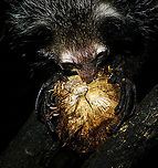 Aye-aye - 2, Palmarium, Madagascar Here it is, the Aye-Aye, the primate woodpecker, rodent, bat or "heh heh", Malagasy for "I don't know". <br />
<br />
"I don't know" is exactly the first thing that popped into my brain upon seeing it. My brain struggled to understand what it was seeing, despite having read about Aye-ayes at a basic level. It just doesn't register or fit into any boxes.<br />
<br />
My second thought was that if I would not know any better, I'd go along with the local superstition that this is a demonic animal. <br />
<br />
Science didn't really know either in earlier times. This creature first was considered a rodent, based on its teeth that perpetually grow and thus must constantly be worn down. It took a long time for it to be considered a primate, and specifically a lemur.<br />
<br />
A very weird primate. Its ears are huge and have inner ridges similar to bats, optimized for echolocation, making this the only primate to use this.<br />
<br />
Echolocation comes into play when its taps its lengthy 3rd finger rapidly on tree tunks to locate insects/larvae inside. Next, it uses its strong teeth to gnawl a hole into the trunk. Finally, it uses its extremely lengthy 4th finger to rapidly pull out the contents, like a machine gun, using a special hooked nail.<br />
<br />
I had always imagined the Aye-aye to be kind of like a Koala: small, slow, and vulnerable. I was wrong at every level. It's pretty large, combined with the tail above 1m in length. It's very fast and escapes a scene in about 2 seconds. It's teeth and fingers are not careful or fragile tools, they're like power tools. <br />
<br />
The backstory: from Palmarium, on dry nights, you can take a boat to an uninhabited island. On the island live 6-8 Aye-ayes. They are typically in the canopy of a mangrove forest. Coconuts are strategically placed at a lower level to lure them down. Flash lights and camera flash are disallowed, yet when the lure action is succesful, a relatively weak area light shines on the feeding Aye-aye, which does not seem to disturb them.<br />
<br />
Photographing them is challenging due to the lack of flash and the light source being quite weak, but it can be done with some special measures.<br />
<br />
To Henriette and me, the Aye-aye was this year's trophy and a proper closure on 3 years of Madagascar, so I'm going to be generous in sharing many shots of this fantastic animal. We're not done with the set though, not quite yet.<br />
<br />
https://www.jungledragon.com/image/87321/aye-aye_-_1_palmarium_madagascar.html<br />
https://www.jungledragon.com/image/87323/aye-aye_-_3_palmarium_madagascar.html<br />
https://www.jungledragon.com/image/87324/aye-aye_-_4_palmarium_madagascar.html<br />
https://www.jungledragon.com/image/87325/aye-aye_-_5_palmarium_madagascar.html<br />
https://www.jungledragon.com/image/87326/aye-aye_-_6_palmarium_madagascar.html<br />
https://www.jungledragon.com/image/87327/aye-aye_-_7_palmarium_madagascar.html<br />
https://www.jungledragon.com/image/87328/aye-aye_-_8_palmarium_madagascar.html<br />
https://www.jungledragon.com/image/87329/aye-aye_-_9_palmarium_madagascar.html<br />
https://www.jungledragon.com/image/87330/aye-aye_-_10_palmarium_madagascar.html<br />
https://www.jungledragon.com/image/87331/aye-aye_-_11_palmarium_madagascar.html<br />
https://www.jungledragon.com/image/87332/aye-aye_-_12_palmarium_madagascar.html<br />
https://www.jungledragon.com/image/87333/aye-aye_-_13_palmarium_madagascar.html<br />
https://www.jungledragon.com/image/87334/aye-aye_-_14_palmarium_madagascar.html<br />
https://www.jungledragon.com/image/87335/aye-aye_-_15_palmarium_madagascar.html<br />
https://www.jungledragon.com/image/87336/aye-aye_-_16_palmarium_madagascar.html<br />
https://www.jungledragon.com/image/87337/aye-aye_-_17_palmarium_madagascar.html<br />
https://www.jungledragon.com/image/87338/aye-aye_-_18_palmarium_madagascar.html<br />
https://www.jungledragon.com/image/87339/aye-aye_-_19_palmarium_madagascar.html<br />
https://www.jungledragon.com/image/87340/aye-aye_-_20_palmarium_madagascar.html<br />
<br />
https://www.youtube.com/watch?v=295rx5Dqsf4 Africa,Aye-aye,Daubentonia madagascariensis,Geotagged,Madagascar,Madagascar 2019,Palmarium reserve,Winter,World