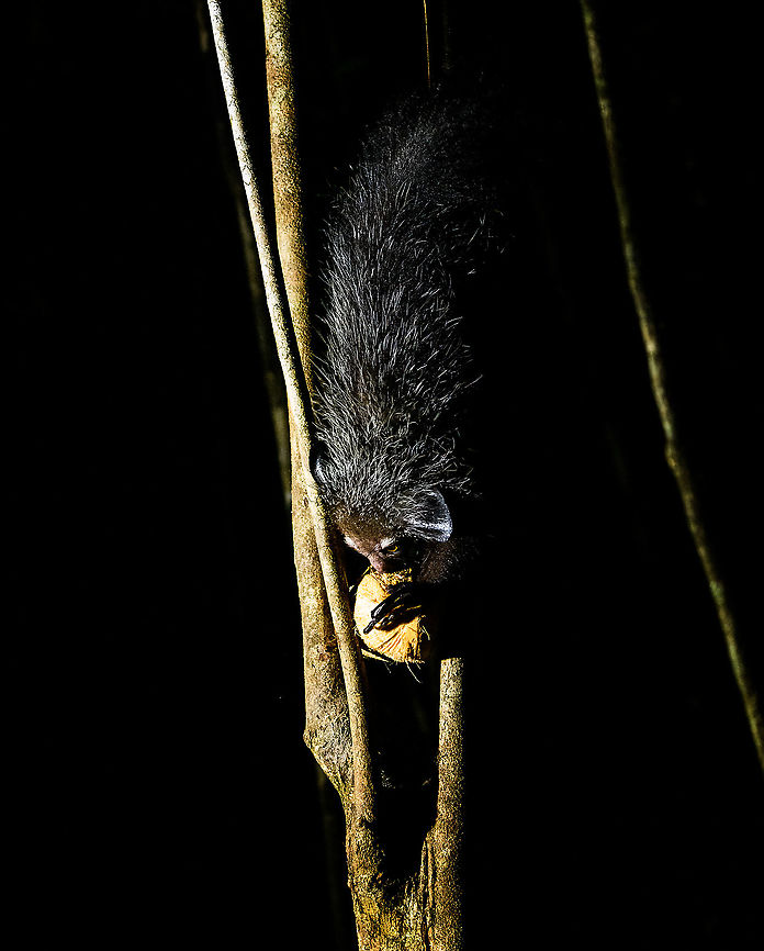 Aye-aye - 3, Palmarium, Madagascar Here it is, the Aye-Aye, the primate woodpecker, rodent, bat or &quot;heh heh&quot;, Malagasy for &quot;I don&#039;t know&quot;. <br />
<br />
&quot;I don&#039;t know&quot; is exactly the first thing that popped into my brain upon seeing it. My brain struggled to understand what it was seeing, despite having read about Aye-ayes at a basic level. It just doesn&#039;t register or fit into any boxes.<br />
<br />
My second thought was that if I would not know any better, I&#039;d go along with the local superstition that this is a demonic animal. <br />
<br />
Science didn&#039;t really know either in earlier times. This creature first was considered a rodent, based on its teeth that perpetually grow and thus must constantly be worn down. It took a long time for it to be considered a primate, and specifically a lemur.<br />
<br />
A very weird primate. Its ears are huge and have inner ridges similar to bats, optimized for echolocation, making this the only primate to use this.<br />
<br />
Echolocation comes into play when its taps its lengthy 3rd finger rapidly on tree tunks to locate insects/larvae inside. Next, it uses its strong teeth to gnawl a hole into the trunk. Finally, it uses its extremely lengthy 4th finger to rapidly pull out the contents, like a machine gun, using a special hooked nail.<br />
<br />
I had always imagined the Aye-aye to be kind of like a Koala: small, slow, and vulnerable. I was wrong at every level. It&#039;s pretty large, combined with the tail above 1m in length. It&#039;s very fast and escapes a scene in about 2 seconds. It&#039;s teeth and fingers are not careful or fragile tools, they&#039;re like power tools. <br />
<br />
The backstory: from Palmarium, on dry nights, you can take a boat to an uninhabited island. On the island live 6-8 Aye-ayes. They are typically in the canopy of a mangrove forest. Coconuts are strategically placed at a lower level to lure them down. Flash lights and camera flash are disallowed, yet when the lure action is succesful, a relatively weak area light shines on the feeding Aye-aye, which does not seem to disturb them.<br />
<br />
Photographing them is challenging due to the lack of flash and the light source being quite weak, but it can be done with some special measures.<br />
<br />
To Henriette and me, the Aye-aye was this year&#039;s trophy and a proper closure on 3 years of Madagascar, so I&#039;m going to be generous in sharing many shots of this fantastic animal. We&#039;re not done with the set though, not quite yet.<br />
<br />
<figure class="photo"><a href="https://www.jungledragon.com/image/87321/aye-aye_-_1_palmarium_madagascar.html" title="Aye-aye - 1, Palmarium, Madagascar"><img src="https://s3.amazonaws.com/media.jungledragon.com/images/2/87321_thumb.jpg?AWSAccessKeyId=05GMT0V3GWVNE7GGM1R2&Expires=1759968010&Signature=nhOQniCYsV6KeNBjW2uflKAxDUU%3D" width="200" height="130" alt="Aye-aye - 1, Palmarium, Madagascar Here it is, the Aye-Aye, the primate woodpecker, rodent, bat or &quot;heh heh&quot;, Malagasy for &quot;I don&#039;t know&quot;. <br />
<br />
&quot;I don&#039;t know&quot; is exactly the first thing that popped into my brain upon seeing it. My brain struggled to understand what it was seeing, despite having read about Aye-ayes at a basic level. It just doesn&#039;t register or fit into any boxes.<br />
<br />
My second thought was that if I would not know any better, I&#039;d go along with the local superstition that this is a demonic animal. <br />
<br />
Science didn&#039;t really know either in earlier times. This creature first was considered a rodent, based on its teeth that perpetually grow and thus must constantly be worn down. It took a long time for it to be considered a primate, and specifically a lemur.<br />
<br />
A very weird primate. Its ears are huge and have inner ridges similar to bats, optimized for echolocation, making this the only primate to use this.<br />
<br />
Echolocation comes into play when its taps its lengthy 3rd finger rapidly on tree tunks to locate insects/larvae inside. Next, it uses its strong teeth to gnawl a hole into the trunk. Finally, it uses its extremely lengthy 4th finger to rapidly pull out the contents, like a machine gun, using a special hooked nail.<br />
<br />
I had always imagined the Aye-aye to be kind of like a Koala: small, slow, and vulnerable. I was wrong at every level. It&#039;s pretty large, combined with the tail above 1m in length. It&#039;s very fast and escapes a scene in about 2 seconds. It&#039;s teeth and fingers are not careful or fragile tools, they&#039;re like power tools. <br />
<br />
The backstory: from Palmarium, on dry nights, you can take a boat to an uninhabited island. On the island live 6-8 Aye-ayes. They are typically in the canopy of a mangrove forest. Coconuts are strategically placed at a lower level to lure them down. Flash lights and camera flash are disallowed, yet when the lure action is succesful, a relatively weak area light shines on the feeding Aye-aye, which does not seem to disturb them.<br />
<br />
Photographing them is challenging due to the lack of flash and the light source being quite weak, but it can be done with some special measures.<br />
<br />
To Henriette and me, the Aye-aye was this year&#039;s trophy and a proper closure on 3 years of Madagascar, so I&#039;m going to be generous in sharing many shots of this fantastic animal. We&#039;re not done with the set though, not quite yet.<br />
<br />
https://www.jungledragon.com/image/87322/aye-aye_-_2_palmarium_madagascar.html<br />
https://www.jungledragon.com/image/87323/aye-aye_-_3_palmarium_madagascar.html<br />
https://www.jungledragon.com/image/87324/aye-aye_-_4_palmarium_madagascar.html<br />
https://www.jungledragon.com/image/87325/aye-aye_-_5_palmarium_madagascar.html<br />
https://www.jungledragon.com/image/87326/aye-aye_-_6_palmarium_madagascar.html<br />
https://www.jungledragon.com/image/87327/aye-aye_-_7_palmarium_madagascar.html<br />
https://www.jungledragon.com/image/87328/aye-aye_-_8_palmarium_madagascar.html<br />
https://www.jungledragon.com/image/87329/aye-aye_-_9_palmarium_madagascar.html<br />
https://www.jungledragon.com/image/87330/aye-aye_-_10_palmarium_madagascar.html<br />
https://www.jungledragon.com/image/87331/aye-aye_-_11_palmarium_madagascar.html<br />
https://www.jungledragon.com/image/87332/aye-aye_-_12_palmarium_madagascar.html<br />
https://www.jungledragon.com/image/87333/aye-aye_-_13_palmarium_madagascar.html<br />
https://www.jungledragon.com/image/87334/aye-aye_-_14_palmarium_madagascar.html<br />
https://www.jungledragon.com/image/87335/aye-aye_-_15_palmarium_madagascar.html<br />
https://www.jungledragon.com/image/87336/aye-aye_-_16_palmarium_madagascar.html<br />
https://www.jungledragon.com/image/87337/aye-aye_-_17_palmarium_madagascar.html<br />
https://www.jungledragon.com/image/87338/aye-aye_-_18_palmarium_madagascar.html<br />
https://www.jungledragon.com/image/87339/aye-aye_-_19_palmarium_madagascar.html<br />
https://www.jungledragon.com/image/87340/aye-aye_-_20_palmarium_madagascar.html<br />
<br />
https://www.youtube.com/watch?v=295rx5Dqsf4 Africa,Aye-aye,Daubentonia madagascariensis,Geotagged,Madagascar,Madagascar 2019,Palmarium reserve,Winter,World" /></a></figure><br />
<figure class="photo"><a href="https://www.jungledragon.com/image/87322/aye-aye_-_2_palmarium_madagascar.html" title="Aye-aye - 2, Palmarium, Madagascar"><img src="https://s3.amazonaws.com/media.jungledragon.com/images/2/87322_thumb.jpg?AWSAccessKeyId=05GMT0V3GWVNE7GGM1R2&Expires=1759968010&Signature=tdchN0giTzURzM3sOqke0I%2Fwusk%3D" width="144" height="152" alt="Aye-aye - 2, Palmarium, Madagascar Here it is, the Aye-Aye, the primate woodpecker, rodent, bat or &quot;heh heh&quot;, Malagasy for &quot;I don&#039;t know&quot;. <br />
<br />
&quot;I don&#039;t know&quot; is exactly the first thing that popped into my brain upon seeing it. My brain struggled to understand what it was seeing, despite having read about Aye-ayes at a basic level. It just doesn&#039;t register or fit into any boxes.<br />
<br />
My second thought was that if I would not know any better, I&#039;d go along with the local superstition that this is a demonic animal. <br />
<br />
Science didn&#039;t really know either in earlier times. This creature first was considered a rodent, based on its teeth that perpetually grow and thus must constantly be worn down. It took a long time for it to be considered a primate, and specifically a lemur.<br />
<br />
A very weird primate. Its ears are huge and have inner ridges similar to bats, optimized for echolocation, making this the only primate to use this.<br />
<br />
Echolocation comes into play when its taps its lengthy 3rd finger rapidly on tree tunks to locate insects/larvae inside. Next, it uses its strong teeth to gnawl a hole into the trunk. Finally, it uses its extremely lengthy 4th finger to rapidly pull out the contents, like a machine gun, using a special hooked nail.<br />
<br />
I had always imagined the Aye-aye to be kind of like a Koala: small, slow, and vulnerable. I was wrong at every level. It&#039;s pretty large, combined with the tail above 1m in length. It&#039;s very fast and escapes a scene in about 2 seconds. It&#039;s teeth and fingers are not careful or fragile tools, they&#039;re like power tools. <br />
<br />
The backstory: from Palmarium, on dry nights, you can take a boat to an uninhabited island. On the island live 6-8 Aye-ayes. They are typically in the canopy of a mangrove forest. Coconuts are strategically placed at a lower level to lure them down. Flash lights and camera flash are disallowed, yet when the lure action is succesful, a relatively weak area light shines on the feeding Aye-aye, which does not seem to disturb them.<br />
<br />
Photographing them is challenging due to the lack of flash and the light source being quite weak, but it can be done with some special measures.<br />
<br />
To Henriette and me, the Aye-aye was this year&#039;s trophy and a proper closure on 3 years of Madagascar, so I&#039;m going to be generous in sharing many shots of this fantastic animal. We&#039;re not done with the set though, not quite yet.<br />
<br />
https://www.jungledragon.com/image/87321/aye-aye_-_1_palmarium_madagascar.html<br />
https://www.jungledragon.com/image/87323/aye-aye_-_3_palmarium_madagascar.html<br />
https://www.jungledragon.com/image/87324/aye-aye_-_4_palmarium_madagascar.html<br />
https://www.jungledragon.com/image/87325/aye-aye_-_5_palmarium_madagascar.html<br />
https://www.jungledragon.com/image/87326/aye-aye_-_6_palmarium_madagascar.html<br />
https://www.jungledragon.com/image/87327/aye-aye_-_7_palmarium_madagascar.html<br />
https://www.jungledragon.com/image/87328/aye-aye_-_8_palmarium_madagascar.html<br />
https://www.jungledragon.com/image/87329/aye-aye_-_9_palmarium_madagascar.html<br />
https://www.jungledragon.com/image/87330/aye-aye_-_10_palmarium_madagascar.html<br />
https://www.jungledragon.com/image/87331/aye-aye_-_11_palmarium_madagascar.html<br />
https://www.jungledragon.com/image/87332/aye-aye_-_12_palmarium_madagascar.html<br />
https://www.jungledragon.com/image/87333/aye-aye_-_13_palmarium_madagascar.html<br />
https://www.jungledragon.com/image/87334/aye-aye_-_14_palmarium_madagascar.html<br />
https://www.jungledragon.com/image/87335/aye-aye_-_15_palmarium_madagascar.html<br />
https://www.jungledragon.com/image/87336/aye-aye_-_16_palmarium_madagascar.html<br />
https://www.jungledragon.com/image/87337/aye-aye_-_17_palmarium_madagascar.html<br />
https://www.jungledragon.com/image/87338/aye-aye_-_18_palmarium_madagascar.html<br />
https://www.jungledragon.com/image/87339/aye-aye_-_19_palmarium_madagascar.html<br />
https://www.jungledragon.com/image/87340/aye-aye_-_20_palmarium_madagascar.html<br />
<br />
https://www.youtube.com/watch?v=295rx5Dqsf4 Africa,Aye-aye,Daubentonia madagascariensis,Geotagged,Madagascar,Madagascar 2019,Palmarium reserve,Winter,World" /></a></figure><br />
<figure class="photo"><a href="https://www.jungledragon.com/image/87324/aye-aye_-_4_palmarium_madagascar.html" title="Aye-aye - 4, Palmarium, Madagascar"><img src="https://s3.amazonaws.com/media.jungledragon.com/images/2/87324_thumb.jpg?AWSAccessKeyId=05GMT0V3GWVNE7GGM1R2&Expires=1759968010&Signature=v746jjk3Pnzaa8Nd6WXdcoYI5nk%3D" width="200" height="166" alt="Aye-aye - 4, Palmarium, Madagascar Here it is, the Aye-Aye, the primate woodpecker, rodent, bat or &quot;heh heh&quot;, Malagasy for &quot;I don&#039;t know&quot;. <br />
<br />
&quot;I don&#039;t know&quot; is exactly the first thing that popped into my brain upon seeing it. My brain struggled to understand what it was seeing, despite having read about Aye-ayes at a basic level. It just doesn&#039;t register or fit into any boxes.<br />
<br />
My second thought was that if I would not know any better, I&#039;d go along with the local superstition that this is a demonic animal. <br />
<br />
Science didn&#039;t really know either in earlier times. This creature first was considered a rodent, based on its teeth that perpetually grow and thus must constantly be worn down. It took a long time for it to be considered a primate, and specifically a lemur.<br />
<br />
A very weird primate. Its ears are huge and have inner ridges similar to bats, optimized for echolocation, making this the only primate to use this.<br />
<br />
Echolocation comes into play when its taps its lengthy 3rd finger rapidly on tree tunks to locate insects/larvae inside. Next, it uses its strong teeth to gnawl a hole into the trunk. Finally, it uses its extremely lengthy 4th finger to rapidly pull out the contents, like a machine gun, using a special hooked nail.<br />
<br />
I had always imagined the Aye-aye to be kind of like a Koala: small, slow, and vulnerable. I was wrong at every level. It&#039;s pretty large, combined with the tail above 1m in length. It&#039;s very fast and escapes a scene in about 2 seconds. It&#039;s teeth and fingers are not careful or fragile tools, they&#039;re like power tools. <br />
<br />
The backstory: from Palmarium, on dry nights, you can take a boat to an uninhabited island. On the island live 6-8 Aye-ayes. They are typically in the canopy of a mangrove forest. Coconuts are strategically placed at a lower level to lure them down. Flash lights and camera flash are disallowed, yet when the lure action is succesful, a relatively weak area light shines on the feeding Aye-aye, which does not seem to disturb them.<br />
<br />
Photographing them is challenging due to the lack of flash and the light source being quite weak, but it can be done with some special measures.<br />
<br />
To Henriette and me, the Aye-aye was this year&#039;s trophy and a proper closure on 3 years of Madagascar, so I&#039;m going to be generous in sharing many shots of this fantastic animal. We&#039;re not done with the set though, not quite yet.<br />
<br />
https://www.jungledragon.com/image/87321/aye-aye_-_1_palmarium_madagascar.html<br />
https://www.jungledragon.com/image/87322/aye-aye_-_2_palmarium_madagascar.html<br />
https://www.jungledragon.com/image/87323/aye-aye_-_3_palmarium_madagascar.html<br />
https://www.jungledragon.com/image/87325/aye-aye_-_5_palmarium_madagascar.html<br />
https://www.jungledragon.com/image/87326/aye-aye_-_6_palmarium_madagascar.html<br />
https://www.jungledragon.com/image/87327/aye-aye_-_7_palmarium_madagascar.html<br />
https://www.jungledragon.com/image/87328/aye-aye_-_8_palmarium_madagascar.html<br />
https://www.jungledragon.com/image/87329/aye-aye_-_9_palmarium_madagascar.html<br />
https://www.jungledragon.com/image/87330/aye-aye_-_10_palmarium_madagascar.html<br />
https://www.jungledragon.com/image/87331/aye-aye_-_11_palmarium_madagascar.html<br />
https://www.jungledragon.com/image/87332/aye-aye_-_12_palmarium_madagascar.html<br />
https://www.jungledragon.com/image/87333/aye-aye_-_13_palmarium_madagascar.html<br />
https://www.jungledragon.com/image/87334/aye-aye_-_14_palmarium_madagascar.html<br />
https://www.jungledragon.com/image/87335/aye-aye_-_15_palmarium_madagascar.html<br />
https://www.jungledragon.com/image/87336/aye-aye_-_16_palmarium_madagascar.html<br />
https://www.jungledragon.com/image/87337/aye-aye_-_17_palmarium_madagascar.html<br />
https://www.jungledragon.com/image/87338/aye-aye_-_18_palmarium_madagascar.html<br />
https://www.jungledragon.com/image/87339/aye-aye_-_19_palmarium_madagascar.html<br />
https://www.jungledragon.com/image/87340/aye-aye_-_20_palmarium_madagascar.html<br />
<br />
https://www.youtube.com/watch?v=295rx5Dqsf4 Africa,Aye-aye,Daubentonia madagascariensis,Geotagged,Madagascar,Madagascar 2019,Palmarium reserve,Winter,World" /></a></figure><br />
<figure class="photo"><a href="https://www.jungledragon.com/image/87325/aye-aye_-_5_palmarium_madagascar.html" title="Aye-aye - 5, Palmarium, Madagascar"><img src="https://s3.amazonaws.com/media.jungledragon.com/images/2/87325_thumb.jpg?AWSAccessKeyId=05GMT0V3GWVNE7GGM1R2&Expires=1759968010&Signature=xSOlrhdFfGsfFsGI%2BAZEUPRcY4U%3D" width="200" height="134" alt="Aye-aye - 5, Palmarium, Madagascar Here it is, the Aye-Aye, the primate woodpecker, rodent, bat or &quot;heh heh&quot;, Malagasy for &quot;I don&#039;t know&quot;. <br />
<br />
&quot;I don&#039;t know&quot; is exactly the first thing that popped into my brain upon seeing it. My brain struggled to understand what it was seeing, despite having read about Aye-ayes at a basic level. It just doesn&#039;t register or fit into any boxes.<br />
<br />
My second thought was that if I would not know any better, I&#039;d go along with the local superstition that this is a demonic animal. <br />
<br />
Science didn&#039;t really know either in earlier times. This creature first was considered a rodent, based on its teeth that perpetually grow and thus must constantly be worn down. It took a long time for it to be considered a primate, and specifically a lemur.<br />
<br />
A very weird primate. Its ears are huge and have inner ridges similar to bats, optimized for echolocation, making this the only primate to use this.<br />
<br />
Echolocation comes into play when its taps its lengthy 3rd finger rapidly on tree tunks to locate insects/larvae inside. Next, it uses its strong teeth to gnawl a hole into the trunk. Finally, it uses its extremely lengthy 4th finger to rapidly pull out the contents, like a machine gun, using a special hooked nail.<br />
<br />
I had always imagined the Aye-aye to be kind of like a Koala: small, slow, and vulnerable. I was wrong at every level. It&#039;s pretty large, combined with the tail above 1m in length. It&#039;s very fast and escapes a scene in about 2 seconds. It&#039;s teeth and fingers are not careful or fragile tools, they&#039;re like power tools. <br />
<br />
The backstory: from Palmarium, on dry nights, you can take a boat to an uninhabited island. On the island live 6-8 Aye-ayes. They are typically in the canopy of a mangrove forest. Coconuts are strategically placed at a lower level to lure them down. Flash lights and camera flash are disallowed, yet when the lure action is succesful, a relatively weak area light shines on the feeding Aye-aye, which does not seem to disturb them.<br />
<br />
Photographing them is challenging due to the lack of flash and the light source being quite weak, but it can be done with some special measures.<br />
<br />
To Henriette and me, the Aye-aye was this year&#039;s trophy and a proper closure on 3 years of Madagascar, so I&#039;m going to be generous in sharing many shots of this fantastic animal. We&#039;re not done with the set though, not quite yet.<br />
<br />
https://www.jungledragon.com/image/87321/aye-aye_-_1_palmarium_madagascar.html<br />
https://www.jungledragon.com/image/87322/aye-aye_-_2_palmarium_madagascar.html<br />
https://www.jungledragon.com/image/87323/aye-aye_-_3_palmarium_madagascar.html<br />
https://www.jungledragon.com/image/87324/aye-aye_-_4_palmarium_madagascar.html<br />
https://www.jungledragon.com/image/87326/aye-aye_-_6_palmarium_madagascar.html<br />
https://www.jungledragon.com/image/87327/aye-aye_-_7_palmarium_madagascar.html<br />
https://www.jungledragon.com/image/87328/aye-aye_-_8_palmarium_madagascar.html<br />
https://www.jungledragon.com/image/87329/aye-aye_-_9_palmarium_madagascar.html<br />
https://www.jungledragon.com/image/87330/aye-aye_-_10_palmarium_madagascar.html<br />
https://www.jungledragon.com/image/87331/aye-aye_-_11_palmarium_madagascar.html<br />
https://www.jungledragon.com/image/87332/aye-aye_-_12_palmarium_madagascar.html<br />
https://www.jungledragon.com/image/87333/aye-aye_-_13_palmarium_madagascar.html<br />
https://www.jungledragon.com/image/87334/aye-aye_-_14_palmarium_madagascar.html<br />
https://www.jungledragon.com/image/87335/aye-aye_-_15_palmarium_madagascar.html<br />
https://www.jungledragon.com/image/87336/aye-aye_-_16_palmarium_madagascar.html<br />
https://www.jungledragon.com/image/87337/aye-aye_-_17_palmarium_madagascar.html<br />
https://www.jungledragon.com/image/87338/aye-aye_-_18_palmarium_madagascar.html<br />
https://www.jungledragon.com/image/87339/aye-aye_-_19_palmarium_madagascar.html<br />
https://www.jungledragon.com/image/87340/aye-aye_-_20_palmarium_madagascar.html<br />
<br />
https://www.youtube.com/watch?v=295rx5Dqsf4 Africa,Aye-aye,Daubentonia madagascariensis,Geotagged,Madagascar,Madagascar 2019,Palmarium reserve,Winter,World" /></a></figure><br />
<figure class="photo"><a href="https://www.jungledragon.com/image/87326/aye-aye_-_6_palmarium_madagascar.html" title="Aye-aye - 6, Palmarium, Madagascar"><img src="https://s3.amazonaws.com/media.jungledragon.com/images/2/87326_thumb.jpg?AWSAccessKeyId=05GMT0V3GWVNE7GGM1R2&Expires=1759968010&Signature=YDQAk2kXddoFksPfeYansr9%2BKdQ%3D" width="102" height="152" alt="Aye-aye - 6, Palmarium, Madagascar Here it is, the Aye-Aye, the primate woodpecker, rodent, bat or &quot;heh heh&quot;, Malagasy for &quot;I don&#039;t know&quot;. <br />
<br />
&quot;I don&#039;t know&quot; is exactly the first thing that popped into my brain upon seeing it. My brain struggled to understand what it was seeing, despite having read about Aye-ayes at a basic level. It just doesn&#039;t register or fit into any boxes.<br />
<br />
My second thought was that if I would not know any better, I&#039;d go along with the local superstition that this is a demonic animal. <br />
<br />
Science didn&#039;t really know either in earlier times. This creature first was considered a rodent, based on its teeth that perpetually grow and thus must constantly be worn down. It took a long time for it to be considered a primate, and specifically a lemur.<br />
<br />
A very weird primate. Its ears are huge and have inner ridges similar to bats, optimized for echolocation, making this the only primate to use this.<br />
<br />
Echolocation comes into play when its taps its lengthy 3rd finger rapidly on tree tunks to locate insects/larvae inside. Next, it uses its strong teeth to gnawl a hole into the trunk. Finally, it uses its extremely lengthy 4th finger to rapidly pull out the contents, like a machine gun, using a special hooked nail.<br />
<br />
I had always imagined the Aye-aye to be kind of like a Koala: small, slow, and vulnerable. I was wrong at every level. It&#039;s pretty large, combined with the tail above 1m in length. It&#039;s very fast and escapes a scene in about 2 seconds. It&#039;s teeth and fingers are not careful or fragile tools, they&#039;re like power tools. <br />
<br />
The backstory: from Palmarium, on dry nights, you can take a boat to an uninhabited island. On the island live 6-8 Aye-ayes. They are typically in the canopy of a mangrove forest. Coconuts are strategically placed at a lower level to lure them down. Flash lights and camera flash are disallowed, yet when the lure action is succesful, a relatively weak area light shines on the feeding Aye-aye, which does not seem to disturb them.<br />
<br />
Photographing them is challenging due to the lack of flash and the light source being quite weak, but it can be done with some special measures.<br />
<br />
To Henriette and me, the Aye-aye was this year&#039;s trophy and a proper closure on 3 years of Madagascar, so I&#039;m going to be generous in sharing many shots of this fantastic animal. We&#039;re not done with the set though, not quite yet.<br />
<br />
https://www.jungledragon.com/image/87321/aye-aye_-_1_palmarium_madagascar.html<br />
https://www.jungledragon.com/image/87322/aye-aye_-_2_palmarium_madagascar.html<br />
https://www.jungledragon.com/image/87323/aye-aye_-_3_palmarium_madagascar.html<br />
https://www.jungledragon.com/image/87324/aye-aye_-_4_palmarium_madagascar.html<br />
https://www.jungledragon.com/image/87325/aye-aye_-_5_palmarium_madagascar.html<br />
https://www.jungledragon.com/image/87327/aye-aye_-_7_palmarium_madagascar.html<br />
https://www.jungledragon.com/image/87328/aye-aye_-_8_palmarium_madagascar.html<br />
https://www.jungledragon.com/image/87329/aye-aye_-_9_palmarium_madagascar.html<br />
https://www.jungledragon.com/image/87330/aye-aye_-_10_palmarium_madagascar.html<br />
https://www.jungledragon.com/image/87331/aye-aye_-_11_palmarium_madagascar.html<br />
https://www.jungledragon.com/image/87332/aye-aye_-_12_palmarium_madagascar.html<br />
https://www.jungledragon.com/image/87333/aye-aye_-_13_palmarium_madagascar.html<br />
https://www.jungledragon.com/image/87334/aye-aye_-_14_palmarium_madagascar.html<br />
https://www.jungledragon.com/image/87335/aye-aye_-_15_palmarium_madagascar.html<br />
https://www.jungledragon.com/image/87336/aye-aye_-_16_palmarium_madagascar.html<br />
https://www.jungledragon.com/image/87337/aye-aye_-_17_palmarium_madagascar.html<br />
https://www.jungledragon.com/image/87338/aye-aye_-_18_palmarium_madagascar.html<br />
https://www.jungledragon.com/image/87339/aye-aye_-_19_palmarium_madagascar.html<br />
https://www.jungledragon.com/image/87340/aye-aye_-_20_palmarium_madagascar.html<br />
<br />
https://www.youtube.com/watch?v=295rx5Dqsf4 Africa,Aye-aye,Daubentonia madagascariensis,Geotagged,Madagascar,Madagascar 2019,Palmarium reserve,Winter,World" /></a></figure><br />
<figure class="photo"><a href="https://www.jungledragon.com/image/87327/aye-aye_-_7_palmarium_madagascar.html" title="Aye-aye - 7, Palmarium, Madagascar"><img src="https://s3.amazonaws.com/media.jungledragon.com/images/2/87327_thumb.jpg?AWSAccessKeyId=05GMT0V3GWVNE7GGM1R2&Expires=1759968010&Signature=G4aqmP%2FQ9b9NePwKcWO2wjy4XIA%3D" width="200" height="170" alt="Aye-aye - 7, Palmarium, Madagascar Here it is, the Aye-Aye, the primate woodpecker, rodent, bat or &quot;heh heh&quot;, Malagasy for &quot;I don&#039;t know&quot;. <br />
<br />
&quot;I don&#039;t know&quot; is exactly the first thing that popped into my brain upon seeing it. My brain struggled to understand what it was seeing, despite having read about Aye-ayes at a basic level. It just doesn&#039;t register or fit into any boxes.<br />
<br />
My second thought was that if I would not know any better, I&#039;d go along with the local superstition that this is a demonic animal. <br />
<br />
Science didn&#039;t really know either in earlier times. This creature first was considered a rodent, based on its teeth that perpetually grow and thus must constantly be worn down. It took a long time for it to be considered a primate, and specifically a lemur.<br />
<br />
A very weird primate. Its ears are huge and have inner ridges similar to bats, optimized for echolocation, making this the only primate to use this.<br />
<br />
Echolocation comes into play when its taps its lengthy 3rd finger rapidly on tree tunks to locate insects/larvae inside. Next, it uses its strong teeth to gnawl a hole into the trunk. Finally, it uses its extremely lengthy 4th finger to rapidly pull out the contents, like a machine gun, using a special hooked nail.<br />
<br />
I had always imagined the Aye-aye to be kind of like a Koala: small, slow, and vulnerable. I was wrong at every level. It&#039;s pretty large, combined with the tail above 1m in length. It&#039;s very fast and escapes a scene in about 2 seconds. It&#039;s teeth and fingers are not careful or fragile tools, they&#039;re like power tools. <br />
<br />
The backstory: from Palmarium, on dry nights, you can take a boat to an uninhabited island. On the island live 6-8 Aye-ayes. They are typically in the canopy of a mangrove forest. Coconuts are strategically placed at a lower level to lure them down. Flash lights and camera flash are disallowed, yet when the lure action is succesful, a relatively weak area light shines on the feeding Aye-aye, which does not seem to disturb them.<br />
<br />
Photographing them is challenging due to the lack of flash and the light source being quite weak, but it can be done with some special measures.<br />
<br />
To Henriette and me, the Aye-aye was this year&#039;s trophy and a proper closure on 3 years of Madagascar, so I&#039;m going to be generous in sharing many shots of this fantastic animal. We&#039;re not done with the set though, not quite yet.<br />
<br />
https://www.jungledragon.com/image/87321/aye-aye_-_1_palmarium_madagascar.html<br />
https://www.jungledragon.com/image/87322/aye-aye_-_2_palmarium_madagascar.html<br />
https://www.jungledragon.com/image/87323/aye-aye_-_3_palmarium_madagascar.html<br />
https://www.jungledragon.com/image/87324/aye-aye_-_4_palmarium_madagascar.html<br />
https://www.jungledragon.com/image/87325/aye-aye_-_5_palmarium_madagascar.html<br />
https://www.jungledragon.com/image/87326/aye-aye_-_6_palmarium_madagascar.html<br />
https://www.jungledragon.com/image/87328/aye-aye_-_8_palmarium_madagascar.html<br />
https://www.jungledragon.com/image/87329/aye-aye_-_9_palmarium_madagascar.html<br />
https://www.jungledragon.com/image/87330/aye-aye_-_10_palmarium_madagascar.html<br />
https://www.jungledragon.com/image/87331/aye-aye_-_11_palmarium_madagascar.html<br />
https://www.jungledragon.com/image/87332/aye-aye_-_12_palmarium_madagascar.html<br />
https://www.jungledragon.com/image/87333/aye-aye_-_13_palmarium_madagascar.html<br />
https://www.jungledragon.com/image/87334/aye-aye_-_14_palmarium_madagascar.html<br />
https://www.jungledragon.com/image/87335/aye-aye_-_15_palmarium_madagascar.html<br />
https://www.jungledragon.com/image/87336/aye-aye_-_16_palmarium_madagascar.html<br />
https://www.jungledragon.com/image/87337/aye-aye_-_17_palmarium_madagascar.html<br />
https://www.jungledragon.com/image/87338/aye-aye_-_18_palmarium_madagascar.html<br />
https://www.jungledragon.com/image/87339/aye-aye_-_19_palmarium_madagascar.html<br />
https://www.jungledragon.com/image/87340/aye-aye_-_20_palmarium_madagascar.html<br />
<br />
https://www.youtube.com/watch?v=295rx5Dqsf4 Africa,Aye-aye,Daubentonia madagascariensis,Geotagged,Madagascar,Madagascar 2019,Palmarium reserve,Winter,World" /></a></figure><br />
<figure class="photo"><a href="https://www.jungledragon.com/image/87328/aye-aye_-_8_palmarium_madagascar.html" title="Aye-aye - 8, Palmarium, Madagascar"><img src="https://s3.amazonaws.com/media.jungledragon.com/images/2/87328_thumb.jpg?AWSAccessKeyId=05GMT0V3GWVNE7GGM1R2&Expires=1759968010&Signature=PIOvqGdLIN6z9iaXtsgVnS2awrY%3D" width="126" height="152" alt="Aye-aye - 8, Palmarium, Madagascar Here it is, the Aye-Aye, the primate woodpecker, rodent, bat or &quot;heh heh&quot;, Malagasy for &quot;I don&#039;t know&quot;. <br />
<br />
&quot;I don&#039;t know&quot; is exactly the first thing that popped into my brain upon seeing it. My brain struggled to understand what it was seeing, despite having read about Aye-ayes at a basic level. It just doesn&#039;t register or fit into any boxes.<br />
<br />
My second thought was that if I would not know any better, I&#039;d go along with the local superstition that this is a demonic animal. <br />
<br />
Science didn&#039;t really know either in earlier times. This creature first was considered a rodent, based on its teeth that perpetually grow and thus must constantly be worn down. It took a long time for it to be considered a primate, and specifically a lemur.<br />
<br />
A very weird primate. Its ears are huge and have inner ridges similar to bats, optimized for echolocation, making this the only primate to use this.<br />
<br />
Echolocation comes into play when its taps its lengthy 3rd finger rapidly on tree tunks to locate insects/larvae inside. Next, it uses its strong teeth to gnawl a hole into the trunk. Finally, it uses its extremely lengthy 4th finger to rapidly pull out the contents, like a machine gun, using a special hooked nail.<br />
<br />
I had always imagined the Aye-aye to be kind of like a Koala: small, slow, and vulnerable. I was wrong at every level. It&#039;s pretty large, combined with the tail above 1m in length. It&#039;s very fast and escapes a scene in about 2 seconds. It&#039;s teeth and fingers are not careful or fragile tools, they&#039;re like power tools. <br />
<br />
The backstory: from Palmarium, on dry nights, you can take a boat to an uninhabited island. On the island live 6-8 Aye-ayes. They are typically in the canopy of a mangrove forest. Coconuts are strategically placed at a lower level to lure them down. Flash lights and camera flash are disallowed, yet when the lure action is succesful, a relatively weak area light shines on the feeding Aye-aye, which does not seem to disturb them.<br />
<br />
Photographing them is challenging due to the lack of flash and the light source being quite weak, but it can be done with some special measures.<br />
<br />
To Henriette and me, the Aye-aye was this year&#039;s trophy and a proper closure on 3 years of Madagascar, so I&#039;m going to be generous in sharing many shots of this fantastic animal. We&#039;re not done with the set though, not quite yet.<br />
<br />
https://www.jungledragon.com/image/87321/aye-aye_-_1_palmarium_madagascar.html<br />
https://www.jungledragon.com/image/87322/aye-aye_-_2_palmarium_madagascar.html<br />
https://www.jungledragon.com/image/87323/aye-aye_-_3_palmarium_madagascar.html<br />
https://www.jungledragon.com/image/87324/aye-aye_-_4_palmarium_madagascar.html<br />
https://www.jungledragon.com/image/87325/aye-aye_-_5_palmarium_madagascar.html<br />
https://www.jungledragon.com/image/87326/aye-aye_-_6_palmarium_madagascar.html<br />
https://www.jungledragon.com/image/87327/aye-aye_-_7_palmarium_madagascar.html<br />
https://www.jungledragon.com/image/87329/aye-aye_-_9_palmarium_madagascar.html<br />
https://www.jungledragon.com/image/87330/aye-aye_-_10_palmarium_madagascar.html<br />
https://www.jungledragon.com/image/87331/aye-aye_-_11_palmarium_madagascar.html<br />
https://www.jungledragon.com/image/87332/aye-aye_-_12_palmarium_madagascar.html<br />
https://www.jungledragon.com/image/87333/aye-aye_-_13_palmarium_madagascar.html<br />
https://www.jungledragon.com/image/87334/aye-aye_-_14_palmarium_madagascar.html<br />
https://www.jungledragon.com/image/87335/aye-aye_-_15_palmarium_madagascar.html<br />
https://www.jungledragon.com/image/87336/aye-aye_-_16_palmarium_madagascar.html<br />
https://www.jungledragon.com/image/87337/aye-aye_-_17_palmarium_madagascar.html<br />
https://www.jungledragon.com/image/87338/aye-aye_-_18_palmarium_madagascar.html<br />
https://www.jungledragon.com/image/87339/aye-aye_-_19_palmarium_madagascar.html<br />
https://www.jungledragon.com/image/87340/aye-aye_-_20_palmarium_madagascar.html<br />
<br />
https://www.youtube.com/watch?v=295rx5Dqsf4 Africa,Aye-aye,Daubentonia madagascariensis,Geotagged,Madagascar,Madagascar 2019,Palmarium reserve,Winter,World" /></a></figure><br />
<figure class="photo"><a href="https://www.jungledragon.com/image/87329/aye-aye_-_9_palmarium_madagascar.html" title="Aye-aye - 9, Palmarium, Madagascar"><img src="https://s3.amazonaws.com/media.jungledragon.com/images/2/87329_thumb.jpg?AWSAccessKeyId=05GMT0V3GWVNE7GGM1R2&Expires=1759968010&Signature=nYcVlSmLXPiWzkkjD7D4bUZ6Zms%3D" width="200" height="172" alt="Aye-aye - 9, Palmarium, Madagascar Here it is, the Aye-Aye, the primate woodpecker, rodent, bat or &quot;heh heh&quot;, Malagasy for &quot;I don&#039;t know&quot;. <br />
<br />
&quot;I don&#039;t know&quot; is exactly the first thing that popped into my brain upon seeing it. My brain struggled to understand what it was seeing, despite having read about Aye-ayes at a basic level. It just doesn&#039;t register or fit into any boxes.<br />
<br />
My second thought was that if I would not know any better, I&#039;d go along with the local superstition that this is a demonic animal. <br />
<br />
Science didn&#039;t really know either in earlier times. This creature first was considered a rodent, based on its teeth that perpetually grow and thus must constantly be worn down. It took a long time for it to be considered a primate, and specifically a lemur.<br />
<br />
A very weird primate. Its ears are huge and have inner ridges similar to bats, optimized for echolocation, making this the only primate to use this.<br />
<br />
Echolocation comes into play when its taps its lengthy 3rd finger rapidly on tree tunks to locate insects/larvae inside. Next, it uses its strong teeth to gnawl a hole into the trunk. Finally, it uses its extremely lengthy 4th finger to rapidly pull out the contents, like a machine gun, using a special hooked nail.<br />
<br />
I had always imagined the Aye-aye to be kind of like a Koala: small, slow, and vulnerable. I was wrong at every level. It&#039;s pretty large, combined with the tail above 1m in length. It&#039;s very fast and escapes a scene in about 2 seconds. It&#039;s teeth and fingers are not careful or fragile tools, they&#039;re like power tools. <br />
<br />
The backstory: from Palmarium, on dry nights, you can take a boat to an uninhabited island. On the island live 6-8 Aye-ayes. They are typically in the canopy of a mangrove forest. Coconuts are strategically placed at a lower level to lure them down. Flash lights and camera flash are disallowed, yet when the lure action is succesful, a relatively weak area light shines on the feeding Aye-aye, which does not seem to disturb them.<br />
<br />
Photographing them is challenging due to the lack of flash and the light source being quite weak, but it can be done with some special measures.<br />
<br />
To Henriette and me, the Aye-aye was this year&#039;s trophy and a proper closure on 3 years of Madagascar, so I&#039;m going to be generous in sharing many shots of this fantastic animal. We&#039;re not done with the set though, not quite yet.<br />
<br />
https://www.jungledragon.com/image/87321/aye-aye_-_1_palmarium_madagascar.html<br />
https://www.jungledragon.com/image/87322/aye-aye_-_2_palmarium_madagascar.html<br />
https://www.jungledragon.com/image/87323/aye-aye_-_3_palmarium_madagascar.html<br />
https://www.jungledragon.com/image/87324/aye-aye_-_4_palmarium_madagascar.html<br />
https://www.jungledragon.com/image/87325/aye-aye_-_5_palmarium_madagascar.html<br />
https://www.jungledragon.com/image/87326/aye-aye_-_6_palmarium_madagascar.html<br />
https://www.jungledragon.com/image/87327/aye-aye_-_7_palmarium_madagascar.html<br />
https://www.jungledragon.com/image/87328/aye-aye_-_8_palmarium_madagascar.html<br />
https://www.jungledragon.com/image/87330/aye-aye_-_10_palmarium_madagascar.html<br />
https://www.jungledragon.com/image/87331/aye-aye_-_11_palmarium_madagascar.html<br />
https://www.jungledragon.com/image/87332/aye-aye_-_12_palmarium_madagascar.html<br />
https://www.jungledragon.com/image/87333/aye-aye_-_13_palmarium_madagascar.html<br />
https://www.jungledragon.com/image/87334/aye-aye_-_14_palmarium_madagascar.html<br />
https://www.jungledragon.com/image/87335/aye-aye_-_15_palmarium_madagascar.html<br />
https://www.jungledragon.com/image/87336/aye-aye_-_16_palmarium_madagascar.html<br />
https://www.jungledragon.com/image/87337/aye-aye_-_17_palmarium_madagascar.html<br />
https://www.jungledragon.com/image/87338/aye-aye_-_18_palmarium_madagascar.html<br />
https://www.jungledragon.com/image/87339/aye-aye_-_19_palmarium_madagascar.html<br />
https://www.jungledragon.com/image/87340/aye-aye_-_20_palmarium_madagascar.html<br />
<br />
https://www.youtube.com/watch?v=295rx5Dqsf4 Africa,Aye-aye,Daubentonia madagascariensis,Geotagged,Madagascar,Madagascar 2019,Palmarium reserve,Winter,World" /></a></figure><br />
<figure class="photo"><a href="https://www.jungledragon.com/image/87330/aye-aye_-_10_palmarium_madagascar.html" title="Aye-aye - 10, Palmarium, Madagascar"><img src="https://s3.amazonaws.com/media.jungledragon.com/images/2/87330_thumb.jpg?AWSAccessKeyId=05GMT0V3GWVNE7GGM1R2&Expires=1759968010&Signature=6FslhQmWEdZ3R2aIA5Lqlgv28xw%3D" width="200" height="114" alt="Aye-aye - 10, Palmarium, Madagascar Here it is, the Aye-Aye, the primate woodpecker, rodent, bat or &quot;heh heh&quot;, Malagasy for &quot;I don&#039;t know&quot;. <br />
<br />
&quot;I don&#039;t know&quot; is exactly the first thing that popped into my brain upon seeing it. My brain struggled to understand what it was seeing, despite having read about Aye-ayes at a basic level. It just doesn&#039;t register or fit into any boxes.<br />
<br />
My second thought was that if I would not know any better, I&#039;d go along with the local superstition that this is a demonic animal. <br />
<br />
Science didn&#039;t really know either in earlier times. This creature first was considered a rodent, based on its teeth that perpetually grow and thus must constantly be worn down. It took a long time for it to be considered a primate, and specifically a lemur.<br />
<br />
A very weird primate. Its ears are huge and have inner ridges similar to bats, optimized for echolocation, making this the only primate to use this.<br />
<br />
Echolocation comes into play when its taps its lengthy 3rd finger rapidly on tree tunks to locate insects/larvae inside. Next, it uses its strong teeth to gnawl a hole into the trunk. Finally, it uses its extremely lengthy 4th finger to rapidly pull out the contents, like a machine gun, using a special hooked nail.<br />
<br />
I had always imagined the Aye-aye to be kind of like a Koala: small, slow, and vulnerable. I was wrong at every level. It&#039;s pretty large, combined with the tail above 1m in length. It&#039;s very fast and escapes a scene in about 2 seconds. It&#039;s teeth and fingers are not careful or fragile tools, they&#039;re like power tools. <br />
<br />
The backstory: from Palmarium, on dry nights, you can take a boat to an uninhabited island. On the island live 6-8 Aye-ayes. They are typically in the canopy of a mangrove forest. Coconuts are strategically placed at a lower level to lure them down. Flash lights and camera flash are disallowed, yet when the lure action is succesful, a relatively weak area light shines on the feeding Aye-aye, which does not seem to disturb them.<br />
<br />
Photographing them is challenging due to the lack of flash and the light source being quite weak, but it can be done with some special measures.<br />
<br />
To Henriette and me, the Aye-aye was this year&#039;s trophy and a proper closure on 3 years of Madagascar, so I&#039;m going to be generous in sharing many shots of this fantastic animal. We&#039;re not done with the set though, not quite yet.<br />
<br />
https://www.jungledragon.com/image/87321/aye-aye_-_1_palmarium_madagascar.html<br />
https://www.jungledragon.com/image/87322/aye-aye_-_2_palmarium_madagascar.html<br />
https://www.jungledragon.com/image/87323/aye-aye_-_3_palmarium_madagascar.html<br />
https://www.jungledragon.com/image/87324/aye-aye_-_4_palmarium_madagascar.html<br />
https://www.jungledragon.com/image/87325/aye-aye_-_5_palmarium_madagascar.html<br />
https://www.jungledragon.com/image/87326/aye-aye_-_6_palmarium_madagascar.html<br />
https://www.jungledragon.com/image/87327/aye-aye_-_7_palmarium_madagascar.html<br />
https://www.jungledragon.com/image/87328/aye-aye_-_8_palmarium_madagascar.html<br />
https://www.jungledragon.com/image/87329/aye-aye_-_9_palmarium_madagascar.html<br />
https://www.jungledragon.com/image/87331/aye-aye_-_11_palmarium_madagascar.html<br />
https://www.jungledragon.com/image/87332/aye-aye_-_12_palmarium_madagascar.html<br />
https://www.jungledragon.com/image/87333/aye-aye_-_13_palmarium_madagascar.html<br />
https://www.jungledragon.com/image/87334/aye-aye_-_14_palmarium_madagascar.html<br />
https://www.jungledragon.com/image/87335/aye-aye_-_15_palmarium_madagascar.html<br />
https://www.jungledragon.com/image/87336/aye-aye_-_16_palmarium_madagascar.html<br />
https://www.jungledragon.com/image/87337/aye-aye_-_17_palmarium_madagascar.html<br />
https://www.jungledragon.com/image/87338/aye-aye_-_18_palmarium_madagascar.html<br />
https://www.jungledragon.com/image/87339/aye-aye_-_19_palmarium_madagascar.html<br />
https://www.jungledragon.com/image/87340/aye-aye_-_20_palmarium_madagascar.html<br />
<br />
https://www.youtube.com/watch?v=295rx5Dqsf4 Africa,Aye-aye,Daubentonia madagascariensis,Geotagged,Madagascar,Madagascar 2019,Palmarium reserve,Winter,World" /></a></figure><br />
<figure class="photo"><a href="https://www.jungledragon.com/image/87331/aye-aye_-_11_palmarium_madagascar.html" title="Aye-aye - 11, Palmarium, Madagascar"><img src="https://s3.amazonaws.com/media.jungledragon.com/images/2/87331_thumb.jpg?AWSAccessKeyId=05GMT0V3GWVNE7GGM1R2&Expires=1759968010&Signature=ALgIC0aBH%2B6kAZ7EPCcCyhxrxNk%3D" width="152" height="152" alt="Aye-aye - 11, Palmarium, Madagascar Here it is, the Aye-Aye, the primate woodpecker, rodent, bat or &quot;heh heh&quot;, Malagasy for &quot;I don&#039;t know&quot;. <br />
<br />
&quot;I don&#039;t know&quot; is exactly the first thing that popped into my brain upon seeing it. My brain struggled to understand what it was seeing, despite having read about Aye-ayes at a basic level. It just doesn&#039;t register or fit into any boxes.<br />
<br />
My second thought was that if I would not know any better, I&#039;d go along with the local superstition that this is a demonic animal. <br />
<br />
Science didn&#039;t really know either in earlier times. This creature first was considered a rodent, based on its teeth that perpetually grow and thus must constantly be worn down. It took a long time for it to be considered a primate, and specifically a lemur.<br />
<br />
A very weird primate. Its ears are huge and have inner ridges similar to bats, optimized for echolocation, making this the only primate to use this.<br />
<br />
Echolocation comes into play when its taps its lengthy 3rd finger rapidly on tree tunks to locate insects/larvae inside. Next, it uses its strong teeth to gnawl a hole into the trunk. Finally, it uses its extremely lengthy 4th finger to rapidly pull out the contents, like a machine gun, using a special hooked nail.<br />
<br />
I had always imagined the Aye-aye to be kind of like a Koala: small, slow, and vulnerable. I was wrong at every level. It&#039;s pretty large, combined with the tail above 1m in length. It&#039;s very fast and escapes a scene in about 2 seconds. It&#039;s teeth and fingers are not careful or fragile tools, they&#039;re like power tools. <br />
<br />
The backstory: from Palmarium, on dry nights, you can take a boat to an uninhabited island. On the island live 6-8 Aye-ayes. They are typically in the canopy of a mangrove forest. Coconuts are strategically placed at a lower level to lure them down. Flash lights and camera flash are disallowed, yet when the lure action is succesful, a relatively weak area light shines on the feeding Aye-aye, which does not seem to disturb them.<br />
<br />
Photographing them is challenging due to the lack of flash and the light source being quite weak, but it can be done with some special measures.<br />
<br />
To Henriette and me, the Aye-aye was this year&#039;s trophy and a proper closure on 3 years of Madagascar, so I&#039;m going to be generous in sharing many shots of this fantastic animal. We&#039;re not done with the set though, not quite yet.<br />
<br />
https://www.jungledragon.com/image/87321/aye-aye_-_1_palmarium_madagascar.html<br />
https://www.jungledragon.com/image/87322/aye-aye_-_2_palmarium_madagascar.html<br />
https://www.jungledragon.com/image/87323/aye-aye_-_3_palmarium_madagascar.html<br />
https://www.jungledragon.com/image/87324/aye-aye_-_4_palmarium_madagascar.html<br />
https://www.jungledragon.com/image/87325/aye-aye_-_5_palmarium_madagascar.html<br />
https://www.jungledragon.com/image/87326/aye-aye_-_6_palmarium_madagascar.html<br />
https://www.jungledragon.com/image/87327/aye-aye_-_7_palmarium_madagascar.html<br />
https://www.jungledragon.com/image/87328/aye-aye_-_8_palmarium_madagascar.html<br />
https://www.jungledragon.com/image/87329/aye-aye_-_9_palmarium_madagascar.html<br />
https://www.jungledragon.com/image/87330/aye-aye_-_10_palmarium_madagascar.html<br />
https://www.jungledragon.com/image/87332/aye-aye_-_12_palmarium_madagascar.html<br />
https://www.jungledragon.com/image/87333/aye-aye_-_13_palmarium_madagascar.html<br />
https://www.jungledragon.com/image/87334/aye-aye_-_14_palmarium_madagascar.html<br />
https://www.jungledragon.com/image/87335/aye-aye_-_15_palmarium_madagascar.html<br />
https://www.jungledragon.com/image/87336/aye-aye_-_16_palmarium_madagascar.html<br />
https://www.jungledragon.com/image/87337/aye-aye_-_17_palmarium_madagascar.html<br />
https://www.jungledragon.com/image/87338/aye-aye_-_18_palmarium_madagascar.html<br />
https://www.jungledragon.com/image/87339/aye-aye_-_19_palmarium_madagascar.html<br />
https://www.jungledragon.com/image/87340/aye-aye_-_20_palmarium_madagascar.html<br />
<br />
https://www.youtube.com/watch?v=295rx5Dqsf4 Africa,Aye-aye,Daubentonia madagascariensis,Geotagged,Madagascar,Madagascar 2019,Palmarium reserve,Winter,World" /></a></figure><br />
<figure class="photo"><a href="https://www.jungledragon.com/image/87332/aye-aye_-_12_palmarium_madagascar.html" title="Aye-aye - 12, Palmarium, Madagascar"><img src="https://s3.amazonaws.com/media.jungledragon.com/images/2/87332_thumb.jpg?AWSAccessKeyId=05GMT0V3GWVNE7GGM1R2&Expires=1759968010&Signature=OQ38QMEUOErV0S5DXQZUeUWiiTU%3D" width="200" height="168" alt="Aye-aye - 12, Palmarium, Madagascar Here it is, the Aye-Aye, the primate woodpecker, rodent, bat or &quot;heh heh&quot;, Malagasy for &quot;I don&#039;t know&quot;. <br />
<br />
&quot;I don&#039;t know&quot; is exactly the first thing that popped into my brain upon seeing it. My brain struggled to understand what it was seeing, despite having read about Aye-ayes at a basic level. It just doesn&#039;t register or fit into any boxes.<br />
<br />
My second thought was that if I would not know any better, I&#039;d go along with the local superstition that this is a demonic animal. <br />
<br />
Science didn&#039;t really know either in earlier times. This creature first was considered a rodent, based on its teeth that perpetually grow and thus must constantly be worn down. It took a long time for it to be considered a primate, and specifically a lemur.<br />
<br />
A very weird primate. Its ears are huge and have inner ridges similar to bats, optimized for echolocation, making this the only primate to use this.<br />
<br />
Echolocation comes into play when its taps its lengthy 3rd finger rapidly on tree tunks to locate insects/larvae inside. Next, it uses its strong teeth to gnawl a hole into the trunk. Finally, it uses its extremely lengthy 4th finger to rapidly pull out the contents, like a machine gun, using a special hooked nail.<br />
<br />
I had always imagined the Aye-aye to be kind of like a Koala: small, slow, and vulnerable. I was wrong at every level. It&#039;s pretty large, combined with the tail above 1m in length. It&#039;s very fast and escapes a scene in about 2 seconds. It&#039;s teeth and fingers are not careful or fragile tools, they&#039;re like power tools. <br />
<br />
The backstory: from Palmarium, on dry nights, you can take a boat to an uninhabited island. On the island live 6-8 Aye-ayes. They are typically in the canopy of a mangrove forest. Coconuts are strategically placed at a lower level to lure them down. Flash lights and camera flash are disallowed, yet when the lure action is succesful, a relatively weak area light shines on the feeding Aye-aye, which does not seem to disturb them.<br />
<br />
Photographing them is challenging due to the lack of flash and the light source being quite weak, but it can be done with some special measures.<br />
<br />
To Henriette and me, the Aye-aye was this year&#039;s trophy and a proper closure on 3 years of Madagascar, so I&#039;m going to be generous in sharing many shots of this fantastic animal. We&#039;re not done with the set though, not quite yet.<br />
<br />
https://www.jungledragon.com/image/87321/aye-aye_-_1_palmarium_madagascar.html<br />
https://www.jungledragon.com/image/87322/aye-aye_-_2_palmarium_madagascar.html<br />
https://www.jungledragon.com/image/87323/aye-aye_-_3_palmarium_madagascar.html<br />
https://www.jungledragon.com/image/87324/aye-aye_-_4_palmarium_madagascar.html<br />
https://www.jungledragon.com/image/87325/aye-aye_-_5_palmarium_madagascar.html<br />
https://www.jungledragon.com/image/87326/aye-aye_-_6_palmarium_madagascar.html<br />
https://www.jungledragon.com/image/87327/aye-aye_-_7_palmarium_madagascar.html<br />
https://www.jungledragon.com/image/87328/aye-aye_-_8_palmarium_madagascar.html<br />
https://www.jungledragon.com/image/87329/aye-aye_-_9_palmarium_madagascar.html<br />
https://www.jungledragon.com/image/87330/aye-aye_-_10_palmarium_madagascar.html<br />
https://www.jungledragon.com/image/87331/aye-aye_-_11_palmarium_madagascar.html<br />
https://www.jungledragon.com/image/87333/aye-aye_-_13_palmarium_madagascar.html<br />
https://www.jungledragon.com/image/87334/aye-aye_-_14_palmarium_madagascar.html<br />
https://www.jungledragon.com/image/87335/aye-aye_-_15_palmarium_madagascar.html<br />
https://www.jungledragon.com/image/87336/aye-aye_-_16_palmarium_madagascar.html<br />
https://www.jungledragon.com/image/87337/aye-aye_-_17_palmarium_madagascar.html<br />
https://www.jungledragon.com/image/87338/aye-aye_-_18_palmarium_madagascar.html<br />
https://www.jungledragon.com/image/87339/aye-aye_-_19_palmarium_madagascar.html<br />
https://www.jungledragon.com/image/87340/aye-aye_-_20_palmarium_madagascar.html<br />
<br />
https://www.youtube.com/watch?v=295rx5Dqsf4 Africa,Aye-aye,Daubentonia madagascariensis,Geotagged,Madagascar,Madagascar 2019,Palmarium reserve,Winter,World" /></a></figure><br />
<figure class="photo"><a href="https://www.jungledragon.com/image/87333/aye-aye_-_13_palmarium_madagascar.html" title="Aye-aye - 13, Palmarium, Madagascar"><img src="https://s3.amazonaws.com/media.jungledragon.com/images/2/87333_thumb.jpg?AWSAccessKeyId=05GMT0V3GWVNE7GGM1R2&Expires=1759968010&Signature=OPdUGHeqw9O4qLY7d7TCPYLA5KE%3D" width="200" height="134" alt="Aye-aye - 13, Palmarium, Madagascar Here it is, the Aye-Aye, the primate woodpecker, rodent, bat or &quot;heh heh&quot;, Malagasy for &quot;I don&#039;t know&quot;. <br />
<br />
&quot;I don&#039;t know&quot; is exactly the first thing that popped into my brain upon seeing it. My brain struggled to understand what it was seeing, despite having read about Aye-ayes at a basic level. It just doesn&#039;t register or fit into any boxes.<br />
<br />
My second thought was that if I would not know any better, I&#039;d go along with the local superstition that this is a demonic animal. <br />
<br />
Science didn&#039;t really know either in earlier times. This creature first was considered a rodent, based on its teeth that perpetually grow and thus must constantly be worn down. It took a long time for it to be considered a primate, and specifically a lemur.<br />
<br />
A very weird primate. Its ears are huge and have inner ridges similar to bats, optimized for echolocation, making this the only primate to use this.<br />
<br />
Echolocation comes into play when its taps its lengthy 3rd finger rapidly on tree tunks to locate insects/larvae inside. Next, it uses its strong teeth to gnawl a hole into the trunk. Finally, it uses its extremely lengthy 4th finger to rapidly pull out the contents, like a machine gun, using a special hooked nail.<br />
<br />
I had always imagined the Aye-aye to be kind of like a Koala: small, slow, and vulnerable. I was wrong at every level. It&#039;s pretty large, combined with the tail above 1m in length. It&#039;s very fast and escapes a scene in about 2 seconds. It&#039;s teeth and fingers are not careful or fragile tools, they&#039;re like power tools. <br />
<br />
The backstory: from Palmarium, on dry nights, you can take a boat to an uninhabited island. On the island live 6-8 Aye-ayes. They are typically in the canopy of a mangrove forest. Coconuts are strategically placed at a lower level to lure them down. Flash lights and camera flash are disallowed, yet when the lure action is succesful, a relatively weak area light shines on the feeding Aye-aye, which does not seem to disturb them.<br />
<br />
Photographing them is challenging due to the lack of flash and the light source being quite weak, but it can be done with some special measures.<br />
<br />
To Henriette and me, the Aye-aye was this year&#039;s trophy and a proper closure on 3 years of Madagascar, so I&#039;m going to be generous in sharing many shots of this fantastic animal. We&#039;re not done with the set though, not quite yet.<br />
<br />
https://www.jungledragon.com/image/87321/aye-aye_-_1_palmarium_madagascar.html<br />
https://www.jungledragon.com/image/87322/aye-aye_-_2_palmarium_madagascar.html<br />
https://www.jungledragon.com/image/87323/aye-aye_-_3_palmarium_madagascar.html<br />
https://www.jungledragon.com/image/87324/aye-aye_-_4_palmarium_madagascar.html<br />
https://www.jungledragon.com/image/87325/aye-aye_-_5_palmarium_madagascar.html<br />
https://www.jungledragon.com/image/87326/aye-aye_-_6_palmarium_madagascar.html<br />
https://www.jungledragon.com/image/87327/aye-aye_-_7_palmarium_madagascar.html<br />
https://www.jungledragon.com/image/87328/aye-aye_-_8_palmarium_madagascar.html<br />
https://www.jungledragon.com/image/87329/aye-aye_-_9_palmarium_madagascar.html<br />
https://www.jungledragon.com/image/87330/aye-aye_-_10_palmarium_madagascar.html<br />
https://www.jungledragon.com/image/87331/aye-aye_-_11_palmarium_madagascar.html<br />
https://www.jungledragon.com/image/87332/aye-aye_-_12_palmarium_madagascar.html<br />
https://www.jungledragon.com/image/87334/aye-aye_-_14_palmarium_madagascar.html<br />
https://www.jungledragon.com/image/87335/aye-aye_-_15_palmarium_madagascar.html<br />
https://www.jungledragon.com/image/87336/aye-aye_-_16_palmarium_madagascar.html<br />
https://www.jungledragon.com/image/87337/aye-aye_-_17_palmarium_madagascar.html<br />
https://www.jungledragon.com/image/87338/aye-aye_-_18_palmarium_madagascar.html<br />
https://www.jungledragon.com/image/87339/aye-aye_-_19_palmarium_madagascar.html<br />
https://www.jungledragon.com/image/87340/aye-aye_-_20_palmarium_madagascar.html<br />
<br />
https://www.youtube.com/watch?v=295rx5Dqsf4 Africa,Aye-aye,Daubentonia madagascariensis,Geotagged,Madagascar,Madagascar 2019,Palmarium reserve,Winter,World" /></a></figure><br />
<figure class="photo"><a href="https://www.jungledragon.com/image/87334/aye-aye_-_14_palmarium_madagascar.html" title="Aye-aye - 14, Palmarium, Madagascar"><img src="https://s3.amazonaws.com/media.jungledragon.com/images/2/87334_thumb.jpg?AWSAccessKeyId=05GMT0V3GWVNE7GGM1R2&Expires=1759968010&Signature=EMvLlWyJH1cokwOFQ7JaR0lvSvI%3D" width="150" height="152" alt="Aye-aye - 14, Palmarium, Madagascar Here it is, the Aye-Aye, the primate woodpecker, rodent, bat or &quot;heh heh&quot;, Malagasy for &quot;I don&#039;t know&quot;. <br />
<br />
&quot;I don&#039;t know&quot; is exactly the first thing that popped into my brain upon seeing it. My brain struggled to understand what it was seeing, despite having read about Aye-ayes at a basic level. It just doesn&#039;t register or fit into any boxes.<br />
<br />
My second thought was that if I would not know any better, I&#039;d go along with the local superstition that this is a demonic animal. <br />
<br />
Science didn&#039;t really know either in earlier times. This creature first was considered a rodent, based on its teeth that perpetually grow and thus must constantly be worn down. It took a long time for it to be considered a primate, and specifically a lemur.<br />
<br />
A very weird primate. Its ears are huge and have inner ridges similar to bats, optimized for echolocation, making this the only primate to use this.<br />
<br />
Echolocation comes into play when its taps its lengthy 3rd finger rapidly on tree tunks to locate insects/larvae inside. Next, it uses its strong teeth to gnawl a hole into the trunk. Finally, it uses its extremely lengthy 4th finger to rapidly pull out the contents, like a machine gun, using a special hooked nail.<br />
<br />
I had always imagined the Aye-aye to be kind of like a Koala: small, slow, and vulnerable. I was wrong at every level. It&#039;s pretty large, combined with the tail above 1m in length. It&#039;s very fast and escapes a scene in about 2 seconds. It&#039;s teeth and fingers are not careful or fragile tools, they&#039;re like power tools. <br />
<br />
The backstory: from Palmarium, on dry nights, you can take a boat to an uninhabited island. On the island live 6-8 Aye-ayes. They are typically in the canopy of a mangrove forest. Coconuts are strategically placed at a lower level to lure them down. Flash lights and camera flash are disallowed, yet when the lure action is succesful, a relatively weak area light shines on the feeding Aye-aye, which does not seem to disturb them.<br />
<br />
Photographing them is challenging due to the lack of flash and the light source being quite weak, but it can be done with some special measures.<br />
<br />
To Henriette and me, the Aye-aye was this year&#039;s trophy and a proper closure on 3 years of Madagascar, so I&#039;m going to be generous in sharing many shots of this fantastic animal. We&#039;re not done with the set though, not quite yet.<br />
<br />
https://www.jungledragon.com/image/87321/aye-aye_-_1_palmarium_madagascar.html<br />
https://www.jungledragon.com/image/87322/aye-aye_-_2_palmarium_madagascar.html<br />
https://www.jungledragon.com/image/87323/aye-aye_-_3_palmarium_madagascar.html<br />
https://www.jungledragon.com/image/87324/aye-aye_-_4_palmarium_madagascar.html<br />
https://www.jungledragon.com/image/87325/aye-aye_-_5_palmarium_madagascar.html<br />
https://www.jungledragon.com/image/87326/aye-aye_-_6_palmarium_madagascar.html<br />
https://www.jungledragon.com/image/87327/aye-aye_-_7_palmarium_madagascar.html<br />
https://www.jungledragon.com/image/87328/aye-aye_-_8_palmarium_madagascar.html<br />
https://www.jungledragon.com/image/87329/aye-aye_-_9_palmarium_madagascar.html<br />
https://www.jungledragon.com/image/87330/aye-aye_-_10_palmarium_madagascar.html<br />
https://www.jungledragon.com/image/87331/aye-aye_-_11_palmarium_madagascar.html<br />
https://www.jungledragon.com/image/87332/aye-aye_-_12_palmarium_madagascar.html<br />
https://www.jungledragon.com/image/87333/aye-aye_-_13_palmarium_madagascar.html<br />
https://www.jungledragon.com/image/87335/aye-aye_-_15_palmarium_madagascar.html<br />
https://www.jungledragon.com/image/87336/aye-aye_-_16_palmarium_madagascar.html<br />
https://www.jungledragon.com/image/87337/aye-aye_-_17_palmarium_madagascar.html<br />
https://www.jungledragon.com/image/87338/aye-aye_-_18_palmarium_madagascar.html<br />
https://www.jungledragon.com/image/87339/aye-aye_-_19_palmarium_madagascar.html<br />
https://www.jungledragon.com/image/87340/aye-aye_-_20_palmarium_madagascar.html<br />
<br />
https://www.youtube.com/watch?v=295rx5Dqsf4 Africa,Aye-aye,Daubentonia madagascariensis,Geotagged,Madagascar,Madagascar 2019,Palmarium reserve,Winter,World" /></a></figure><br />
<figure class="photo"><a href="https://www.jungledragon.com/image/87335/aye-aye_-_15_palmarium_madagascar.html" title="Aye-aye - 15, Palmarium, Madagascar"><img src="https://s3.amazonaws.com/media.jungledragon.com/images/2/87335_thumb.jpg?AWSAccessKeyId=05GMT0V3GWVNE7GGM1R2&Expires=1759968010&Signature=tGIpSRY7YnoHe48u7ZAzn5EaadM%3D" width="200" height="152" alt="Aye-aye - 15, Palmarium, Madagascar Here it is, the Aye-Aye, the primate woodpecker, rodent, bat or &quot;heh heh&quot;, Malagasy for &quot;I don&#039;t know&quot;. <br />
<br />
&quot;I don&#039;t know&quot; is exactly the first thing that popped into my brain upon seeing it. My brain struggled to understand what it was seeing, despite having read about Aye-ayes at a basic level. It just doesn&#039;t register or fit into any boxes.<br />
<br />
My second thought was that if I would not know any better, I&#039;d go along with the local superstition that this is a demonic animal. <br />
<br />
Science didn&#039;t really know either in earlier times. This creature first was considered a rodent, based on its teeth that perpetually grow and thus must constantly be worn down. It took a long time for it to be considered a primate, and specifically a lemur.<br />
<br />
A very weird primate. Its ears are huge and have inner ridges similar to bats, optimized for echolocation, making this the only primate to use this.<br />
<br />
Echolocation comes into play when its taps its lengthy 3rd finger rapidly on tree tunks to locate insects/larvae inside. Next, it uses its strong teeth to gnawl a hole into the trunk. Finally, it uses its extremely lengthy 4th finger to rapidly pull out the contents, like a machine gun, using a special hooked nail.<br />
<br />
I had always imagined the Aye-aye to be kind of like a Koala: small, slow, and vulnerable. I was wrong at every level. It&#039;s pretty large, combined with the tail above 1m in length. It&#039;s very fast and escapes a scene in about 2 seconds. It&#039;s teeth and fingers are not careful or fragile tools, they&#039;re like power tools. <br />
<br />
The backstory: from Palmarium, on dry nights, you can take a boat to an uninhabited island. On the island live 6-8 Aye-ayes. They are typically in the canopy of a mangrove forest. Coconuts are strategically placed at a lower level to lure them down. Flash lights and camera flash are disallowed, yet when the lure action is succesful, a relatively weak area light shines on the feeding Aye-aye, which does not seem to disturb them.<br />
<br />
Photographing them is challenging due to the lack of flash and the light source being quite weak, but it can be done with some special measures.<br />
<br />
To Henriette and me, the Aye-aye was this year&#039;s trophy and a proper closure on 3 years of Madagascar, so I&#039;m going to be generous in sharing many shots of this fantastic animal. We&#039;re not done with the set though, not quite yet.<br />
<br />
https://www.jungledragon.com/image/87321/aye-aye_-_1_palmarium_madagascar.html<br />
https://www.jungledragon.com/image/87322/aye-aye_-_2_palmarium_madagascar.html<br />
https://www.jungledragon.com/image/87323/aye-aye_-_3_palmarium_madagascar.html<br />
https://www.jungledragon.com/image/87324/aye-aye_-_4_palmarium_madagascar.html<br />
https://www.jungledragon.com/image/87325/aye-aye_-_5_palmarium_madagascar.html<br />
https://www.jungledragon.com/image/87326/aye-aye_-_6_palmarium_madagascar.html<br />
https://www.jungledragon.com/image/87327/aye-aye_-_7_palmarium_madagascar.html<br />
https://www.jungledragon.com/image/87328/aye-aye_-_8_palmarium_madagascar.html<br />
https://www.jungledragon.com/image/87329/aye-aye_-_9_palmarium_madagascar.html<br />
https://www.jungledragon.com/image/87330/aye-aye_-_10_palmarium_madagascar.html<br />
https://www.jungledragon.com/image/87331/aye-aye_-_11_palmarium_madagascar.html<br />
https://www.jungledragon.com/image/87332/aye-aye_-_12_palmarium_madagascar.html<br />
https://www.jungledragon.com/image/87333/aye-aye_-_13_palmarium_madagascar.html<br />
https://www.jungledragon.com/image/87334/aye-aye_-_14_palmarium_madagascar.html<br />
https://www.jungledragon.com/image/87336/aye-aye_-_16_palmarium_madagascar.html<br />
https://www.jungledragon.com/image/87337/aye-aye_-_17_palmarium_madagascar.html<br />
https://www.jungledragon.com/image/87338/aye-aye_-_18_palmarium_madagascar.html<br />
https://www.jungledragon.com/image/87339/aye-aye_-_19_palmarium_madagascar.html<br />
https://www.jungledragon.com/image/87340/aye-aye_-_20_palmarium_madagascar.html<br />
<br />
https://www.youtube.com/watch?v=295rx5Dqsf4 Africa,Aye-aye,Daubentonia madagascariensis,Geotagged,Madagascar,Madagascar 2019,Palmarium reserve,Winter,World" /></a></figure><br />
<figure class="photo"><a href="https://www.jungledragon.com/image/87336/aye-aye_-_16_palmarium_madagascar.html" title="Aye-aye - 16, Palmarium, Madagascar"><img src="https://s3.amazonaws.com/media.jungledragon.com/images/2/87336_thumb.jpg?AWSAccessKeyId=05GMT0V3GWVNE7GGM1R2&Expires=1759968010&Signature=xvWPec38tDLJX80aKszF6jUdv3k%3D" width="130" height="152" alt="Aye-aye - 16, Palmarium, Madagascar Here it is, the Aye-Aye, the primate woodpecker, rodent, bat or &quot;heh heh&quot;, Malagasy for &quot;I don&#039;t know&quot;. <br />
<br />
&quot;I don&#039;t know&quot; is exactly the first thing that popped into my brain upon seeing it. My brain struggled to understand what it was seeing, despite having read about Aye-ayes at a basic level. It just doesn&#039;t register or fit into any boxes.<br />
<br />
My second thought was that if I would not know any better, I&#039;d go along with the local superstition that this is a demonic animal. <br />
<br />
Science didn&#039;t really know either in earlier times. This creature first was considered a rodent, based on its teeth that perpetually grow and thus must constantly be worn down. It took a long time for it to be considered a primate, and specifically a lemur.<br />
<br />
A very weird primate. Its ears are huge and have inner ridges similar to bats, optimized for echolocation, making this the only primate to use this.<br />
<br />
Echolocation comes into play when its taps its lengthy 3rd finger rapidly on tree tunks to locate insects/larvae inside. Next, it uses its strong teeth to gnawl a hole into the trunk. Finally, it uses its extremely lengthy 4th finger to rapidly pull out the contents, like a machine gun, using a special hooked nail.<br />
<br />
I had always imagined the Aye-aye to be kind of like a Koala: small, slow, and vulnerable. I was wrong at every level. It&#039;s pretty large, combined with the tail above 1m in length. It&#039;s very fast and escapes a scene in about 2 seconds. It&#039;s teeth and fingers are not careful or fragile tools, they&#039;re like power tools. <br />
<br />
The backstory: from Palmarium, on dry nights, you can take a boat to an uninhabited island. On the island live 6-8 Aye-ayes. They are typically in the canopy of a mangrove forest. Coconuts are strategically placed at a lower level to lure them down. Flash lights and camera flash are disallowed, yet when the lure action is succesful, a relatively weak area light shines on the feeding Aye-aye, which does not seem to disturb them.<br />
<br />
Photographing them is challenging due to the lack of flash and the light source being quite weak, but it can be done with some special measures.<br />
<br />
To Henriette and me, the Aye-aye was this year&#039;s trophy and a proper closure on 3 years of Madagascar, so I&#039;m going to be generous in sharing many shots of this fantastic animal. We&#039;re not done with the set though, not quite yet.<br />
<br />
https://www.jungledragon.com/image/87321/aye-aye_-_1_palmarium_madagascar.html<br />
https://www.jungledragon.com/image/87322/aye-aye_-_2_palmarium_madagascar.html<br />
https://www.jungledragon.com/image/87323/aye-aye_-_3_palmarium_madagascar.html<br />
https://www.jungledragon.com/image/87324/aye-aye_-_4_palmarium_madagascar.html<br />
https://www.jungledragon.com/image/87325/aye-aye_-_5_palmarium_madagascar.html<br />
https://www.jungledragon.com/image/87326/aye-aye_-_6_palmarium_madagascar.html<br />
https://www.jungledragon.com/image/87327/aye-aye_-_7_palmarium_madagascar.html<br />
https://www.jungledragon.com/image/87328/aye-aye_-_8_palmarium_madagascar.html<br />
https://www.jungledragon.com/image/87329/aye-aye_-_9_palmarium_madagascar.html<br />
https://www.jungledragon.com/image/87330/aye-aye_-_10_palmarium_madagascar.html<br />
https://www.jungledragon.com/image/87331/aye-aye_-_11_palmarium_madagascar.html<br />
https://www.jungledragon.com/image/87332/aye-aye_-_12_palmarium_madagascar.html<br />
https://www.jungledragon.com/image/87333/aye-aye_-_13_palmarium_madagascar.html<br />
https://www.jungledragon.com/image/87334/aye-aye_-_14_palmarium_madagascar.html<br />
https://www.jungledragon.com/image/87335/aye-aye_-_15_palmarium_madagascar.html<br />
https://www.jungledragon.com/image/87337/aye-aye_-_17_palmarium_madagascar.html<br />
https://www.jungledragon.com/image/87338/aye-aye_-_18_palmarium_madagascar.html<br />
https://www.jungledragon.com/image/87339/aye-aye_-_19_palmarium_madagascar.html<br />
https://www.jungledragon.com/image/87340/aye-aye_-_20_palmarium_madagascar.html<br />
<br />
https://www.youtube.com/watch?v=295rx5Dqsf4 Africa,Aye-aye,Daubentonia madagascariensis,Geotagged,Madagascar,Madagascar 2019,Palmarium reserve,Winter,World" /></a></figure><br />
<figure class="photo"><a href="https://www.jungledragon.com/image/87337/aye-aye_-_17_palmarium_madagascar.html" title="Aye-aye - 17, Palmarium, Madagascar"><img src="https://s3.amazonaws.com/media.jungledragon.com/images/2/87337_thumb.jpg?AWSAccessKeyId=05GMT0V3GWVNE7GGM1R2&Expires=1759968010&Signature=lfmNoIF39%2FIdvklcdzWHVIOl8WQ%3D" width="102" height="152" alt="Aye-aye - 17, Palmarium, Madagascar Here it is, the Aye-Aye, the primate woodpecker, rodent, bat or &quot;heh heh&quot;, Malagasy for &quot;I don&#039;t know&quot;. <br />
<br />
&quot;I don&#039;t know&quot; is exactly the first thing that popped into my brain upon seeing it. My brain struggled to understand what it was seeing, despite having read about Aye-ayes at a basic level. It just doesn&#039;t register or fit into any boxes.<br />
<br />
My second thought was that if I would not know any better, I&#039;d go along with the local superstition that this is a demonic animal. <br />
<br />
Science didn&#039;t really know either in earlier times. This creature first was considered a rodent, based on its teeth that perpetually grow and thus must constantly be worn down. It took a long time for it to be considered a primate, and specifically a lemur.<br />
<br />
A very weird primate. Its ears are huge and have inner ridges similar to bats, optimized for echolocation, making this the only primate to use this.<br />
<br />
Echolocation comes into play when its taps its lengthy 3rd finger rapidly on tree tunks to locate insects/larvae inside. Next, it uses its strong teeth to gnawl a hole into the trunk. Finally, it uses its extremely lengthy 4th finger to rapidly pull out the contents, like a machine gun, using a special hooked nail.<br />
<br />
I had always imagined the Aye-aye to be kind of like a Koala: small, slow, and vulnerable. I was wrong at every level. It&#039;s pretty large, combined with the tail above 1m in length. It&#039;s very fast and escapes a scene in about 2 seconds. It&#039;s teeth and fingers are not careful or fragile tools, they&#039;re like power tools. <br />
<br />
The backstory: from Palmarium, on dry nights, you can take a boat to an uninhabited island. On the island live 6-8 Aye-ayes. They are typically in the canopy of a mangrove forest. Coconuts are strategically placed at a lower level to lure them down. Flash lights and camera flash are disallowed, yet when the lure action is succesful, a relatively weak area light shines on the feeding Aye-aye, which does not seem to disturb them.<br />
<br />
Photographing them is challenging due to the lack of flash and the light source being quite weak, but it can be done with some special measures.<br />
<br />
To Henriette and me, the Aye-aye was this year&#039;s trophy and a proper closure on 3 years of Madagascar, so I&#039;m going to be generous in sharing many shots of this fantastic animal. We&#039;re not done with the set though, not quite yet.<br />
<br />
https://www.jungledragon.com/image/87321/aye-aye_-_1_palmarium_madagascar.html<br />
https://www.jungledragon.com/image/87322/aye-aye_-_2_palmarium_madagascar.html<br />
https://www.jungledragon.com/image/87323/aye-aye_-_3_palmarium_madagascar.html<br />
https://www.jungledragon.com/image/87324/aye-aye_-_4_palmarium_madagascar.html<br />
https://www.jungledragon.com/image/87325/aye-aye_-_5_palmarium_madagascar.html<br />
https://www.jungledragon.com/image/87326/aye-aye_-_6_palmarium_madagascar.html<br />
https://www.jungledragon.com/image/87327/aye-aye_-_7_palmarium_madagascar.html<br />
https://www.jungledragon.com/image/87328/aye-aye_-_8_palmarium_madagascar.html<br />
https://www.jungledragon.com/image/87329/aye-aye_-_9_palmarium_madagascar.html<br />
https://www.jungledragon.com/image/87330/aye-aye_-_10_palmarium_madagascar.html<br />
https://www.jungledragon.com/image/87331/aye-aye_-_11_palmarium_madagascar.html<br />
https://www.jungledragon.com/image/87332/aye-aye_-_12_palmarium_madagascar.html<br />
https://www.jungledragon.com/image/87333/aye-aye_-_13_palmarium_madagascar.html<br />
https://www.jungledragon.com/image/87334/aye-aye_-_14_palmarium_madagascar.html<br />
https://www.jungledragon.com/image/87335/aye-aye_-_15_palmarium_madagascar.html<br />
https://www.jungledragon.com/image/87336/aye-aye_-_16_palmarium_madagascar.html<br />
https://www.jungledragon.com/image/87338/aye-aye_-_18_palmarium_madagascar.html<br />
https://www.jungledragon.com/image/87339/aye-aye_-_19_palmarium_madagascar.html<br />
https://www.jungledragon.com/image/87340/aye-aye_-_20_palmarium_madagascar.html<br />
<br />
https://www.youtube.com/watch?v=295rx5Dqsf4 Africa,Aye-aye,Daubentonia madagascariensis,Geotagged,Madagascar,Madagascar 2019,Palmarium reserve,Winter,World" /></a></figure><br />
<figure class="photo"><a href="https://www.jungledragon.com/image/87338/aye-aye_-_18_palmarium_madagascar.html" title="Aye-aye - 18, Palmarium, Madagascar"><img src="https://s3.amazonaws.com/media.jungledragon.com/images/2/87338_thumb.jpg?AWSAccessKeyId=05GMT0V3GWVNE7GGM1R2&Expires=1759968010&Signature=Swo2huy8zba%2BQ6%2FuCBfc5RpvO8s%3D" width="102" height="152" alt="Aye-aye - 18, Palmarium, Madagascar Here it is, the Aye-Aye, the primate woodpecker, rodent, bat or &quot;heh heh&quot;, Malagasy for &quot;I don&#039;t know&quot;. <br />
<br />
&quot;I don&#039;t know&quot; is exactly the first thing that popped into my brain upon seeing it. My brain struggled to understand what it was seeing, despite having read about Aye-ayes at a basic level. It just doesn&#039;t register or fit into any boxes.<br />
<br />
My second thought was that if I would not know any better, I&#039;d go along with the local superstition that this is a demonic animal. <br />
<br />
Science didn&#039;t really know either in earlier times. This creature first was considered a rodent, based on its teeth that perpetually grow and thus must constantly be worn down. It took a long time for it to be considered a primate, and specifically a lemur.<br />
<br />
A very weird primate. Its ears are huge and have inner ridges similar to bats, optimized for echolocation, making this the only primate to use this.<br />
<br />
Echolocation comes into play when its taps its lengthy 3rd finger rapidly on tree tunks to locate insects/larvae inside. Next, it uses its strong teeth to gnawl a hole into the trunk. Finally, it uses its extremely lengthy 4th finger to rapidly pull out the contents, like a machine gun, using a special hooked nail.<br />
<br />
I had always imagined the Aye-aye to be kind of like a Koala: small, slow, and vulnerable. I was wrong at every level. It&#039;s pretty large, combined with the tail above 1m in length. It&#039;s very fast and escapes a scene in about 2 seconds. It&#039;s teeth and fingers are not careful or fragile tools, they&#039;re like power tools. <br />
<br />
The backstory: from Palmarium, on dry nights, you can take a boat to an uninhabited island. On the island live 6-8 Aye-ayes. They are typically in the canopy of a mangrove forest. Coconuts are strategically placed at a lower level to lure them down. Flash lights and camera flash are disallowed, yet when the lure action is succesful, a relatively weak area light shines on the feeding Aye-aye, which does not seem to disturb them.<br />
<br />
Photographing them is challenging due to the lack of flash and the light source being quite weak, but it can be done with some special measures.<br />
<br />
To Henriette and me, the Aye-aye was this year&#039;s trophy and a proper closure on 3 years of Madagascar, so I&#039;m going to be generous in sharing many shots of this fantastic animal. We&#039;re not done with the set though, not quite yet.<br />
<br />
https://www.jungledragon.com/image/87321/aye-aye_-_1_palmarium_madagascar.html<br />
https://www.jungledragon.com/image/87322/aye-aye_-_2_palmarium_madagascar.html<br />
https://www.jungledragon.com/image/87323/aye-aye_-_3_palmarium_madagascar.html<br />
https://www.jungledragon.com/image/87324/aye-aye_-_4_palmarium_madagascar.html<br />
https://www.jungledragon.com/image/87325/aye-aye_-_5_palmarium_madagascar.html<br />
https://www.jungledragon.com/image/87326/aye-aye_-_6_palmarium_madagascar.html<br />
https://www.jungledragon.com/image/87327/aye-aye_-_7_palmarium_madagascar.html<br />
https://www.jungledragon.com/image/87328/aye-aye_-_8_palmarium_madagascar.html<br />
https://www.jungledragon.com/image/87329/aye-aye_-_9_palmarium_madagascar.html<br />
https://www.jungledragon.com/image/87330/aye-aye_-_10_palmarium_madagascar.html<br />
https://www.jungledragon.com/image/87331/aye-aye_-_11_palmarium_madagascar.html<br />
https://www.jungledragon.com/image/87332/aye-aye_-_12_palmarium_madagascar.html<br />
https://www.jungledragon.com/image/87333/aye-aye_-_13_palmarium_madagascar.html<br />
https://www.jungledragon.com/image/87334/aye-aye_-_14_palmarium_madagascar.html<br />
https://www.jungledragon.com/image/87335/aye-aye_-_15_palmarium_madagascar.html<br />
https://www.jungledragon.com/image/87336/aye-aye_-_16_palmarium_madagascar.html<br />
https://www.jungledragon.com/image/87337/aye-aye_-_17_palmarium_madagascar.html<br />
https://www.jungledragon.com/image/87339/aye-aye_-_19_palmarium_madagascar.html<br />
https://www.jungledragon.com/image/87340/aye-aye_-_20_palmarium_madagascar.html<br />
<br />
https://www.youtube.com/watch?v=295rx5Dqsf4 Africa,Aye-aye,Daubentonia madagascariensis,Geotagged,Madagascar,Madagascar 2019,Palmarium reserve,Winter,World" /></a></figure><br />
<figure class="photo"><a href="https://www.jungledragon.com/image/87339/aye-aye_-_19_palmarium_madagascar.html" title="Aye-aye - 19, Palmarium, Madagascar"><img src="https://s3.amazonaws.com/media.jungledragon.com/images/2/87339_thumb.jpg?AWSAccessKeyId=05GMT0V3GWVNE7GGM1R2&Expires=1759968010&Signature=7bu1tNkV61RXsexZi73asbHNjwA%3D" width="200" height="182" alt="Aye-aye - 19, Palmarium, Madagascar Here it is, the Aye-Aye, the primate woodpecker, rodent, bat or &quot;heh heh&quot;, Malagasy for &quot;I don&#039;t know&quot;. <br />
<br />
&quot;I don&#039;t know&quot; is exactly the first thing that popped into my brain upon seeing it. My brain struggled to understand what it was seeing, despite having read about Aye-ayes at a basic level. It just doesn&#039;t register or fit into any boxes.<br />
<br />
My second thought was that if I would not know any better, I&#039;d go along with the local superstition that this is a demonic animal. <br />
<br />
Science didn&#039;t really know either in earlier times. This creature first was considered a rodent, based on its teeth that perpetually grow and thus must constantly be worn down. It took a long time for it to be considered a primate, and specifically a lemur.<br />
<br />
A very weird primate. Its ears are huge and have inner ridges similar to bats, optimized for echolocation, making this the only primate to use this.<br />
<br />
Echolocation comes into play when its taps its lengthy 3rd finger rapidly on tree tunks to locate insects/larvae inside. Next, it uses its strong teeth to gnawl a hole into the trunk. Finally, it uses its extremely lengthy 4th finger to rapidly pull out the contents, like a machine gun, using a special hooked nail.<br />
<br />
I had always imagined the Aye-aye to be kind of like a Koala: small, slow, and vulnerable. I was wrong at every level. It&#039;s pretty large, combined with the tail above 1m in length. It&#039;s very fast and escapes a scene in about 2 seconds. It&#039;s teeth and fingers are not careful or fragile tools, they&#039;re like power tools. <br />
<br />
The backstory: from Palmarium, on dry nights, you can take a boat to an uninhabited island. On the island live 6-8 Aye-ayes. They are typically in the canopy of a mangrove forest. Coconuts are strategically placed at a lower level to lure them down. Flash lights and camera flash are disallowed, yet when the lure action is succesful, a relatively weak area light shines on the feeding Aye-aye, which does not seem to disturb them.<br />
<br />
Photographing them is challenging due to the lack of flash and the light source being quite weak, but it can be done with some special measures.<br />
<br />
To Henriette and me, the Aye-aye was this year&#039;s trophy and a proper closure on 3 years of Madagascar, so I&#039;m going to be generous in sharing many shots of this fantastic animal. We&#039;re not done with the set though, not quite yet.<br />
<br />
https://www.jungledragon.com/image/87321/aye-aye_-_1_palmarium_madagascar.html<br />
https://www.jungledragon.com/image/87322/aye-aye_-_2_palmarium_madagascar.html<br />
https://www.jungledragon.com/image/87323/aye-aye_-_3_palmarium_madagascar.html<br />
https://www.jungledragon.com/image/87324/aye-aye_-_4_palmarium_madagascar.html<br />
https://www.jungledragon.com/image/87325/aye-aye_-_5_palmarium_madagascar.html<br />
https://www.jungledragon.com/image/87326/aye-aye_-_6_palmarium_madagascar.html<br />
https://www.jungledragon.com/image/87327/aye-aye_-_7_palmarium_madagascar.html<br />
https://www.jungledragon.com/image/87328/aye-aye_-_8_palmarium_madagascar.html<br />
https://www.jungledragon.com/image/87329/aye-aye_-_9_palmarium_madagascar.html<br />
https://www.jungledragon.com/image/87330/aye-aye_-_10_palmarium_madagascar.html<br />
https://www.jungledragon.com/image/87331/aye-aye_-_11_palmarium_madagascar.html<br />
https://www.jungledragon.com/image/87332/aye-aye_-_12_palmarium_madagascar.html<br />
https://www.jungledragon.com/image/87333/aye-aye_-_13_palmarium_madagascar.html<br />
https://www.jungledragon.com/image/87334/aye-aye_-_14_palmarium_madagascar.html<br />
https://www.jungledragon.com/image/87335/aye-aye_-_15_palmarium_madagascar.html<br />
https://www.jungledragon.com/image/87336/aye-aye_-_16_palmarium_madagascar.html<br />
https://www.jungledragon.com/image/87337/aye-aye_-_17_palmarium_madagascar.html<br />
https://www.jungledragon.com/image/87338/aye-aye_-_18_palmarium_madagascar.html<br />
https://www.jungledragon.com/image/87340/aye-aye_-_20_palmarium_madagascar.html<br />
<br />
https://www.youtube.com/watch?v=295rx5Dqsf4 Africa,Aye-aye,Daubentonia madagascariensis,Geotagged,Madagascar,Madagascar 2019,Palmarium reserve,Winter,World" /></a></figure><br />
<figure class="photo"><a href="https://www.jungledragon.com/image/87340/aye-aye_-_20_palmarium_madagascar.html" title="Aye-aye - 20, Palmarium, Madagascar"><img src="https://s3.amazonaws.com/media.jungledragon.com/images/2/87340_thumb.jpg?AWSAccessKeyId=05GMT0V3GWVNE7GGM1R2&Expires=1759968010&Signature=zqt9D2lEUp2Tb%2Bu4kAHIMJR90LQ%3D" width="102" height="152" alt="Aye-aye - 20, Palmarium, Madagascar Here it is, the Aye-Aye, the primate woodpecker, rodent, bat or &quot;heh heh&quot;, Malagasy for &quot;I don&#039;t know&quot;. <br />
<br />
&quot;I don&#039;t know&quot; is exactly the first thing that popped into my brain upon seeing it. My brain struggled to understand what it was seeing, despite having read about Aye-ayes at a basic level. It just doesn&#039;t register or fit into any boxes.<br />
<br />
My second thought was that if I would not know any better, I&#039;d go along with the local superstition that this is a demonic animal. <br />
<br />
Science didn&#039;t really know either in earlier times. This creature first was considered a rodent, based on its teeth that perpetually grow and thus must constantly be worn down. It took a long time for it to be considered a primate, and specifically a lemur.<br />
<br />
A very weird primate. Its ears are huge and have inner ridges similar to bats, optimized for echolocation, making this the only primate to use this.<br />
<br />
Echolocation comes into play when its taps its lengthy 3rd finger rapidly on tree tunks to locate insects/larvae inside. Next, it uses its strong teeth to gnawl a hole into the trunk. Finally, it uses its extremely lengthy 4th finger to rapidly pull out the contents, like a machine gun, using a special hooked nail.<br />
<br />
I had always imagined the Aye-aye to be kind of like a Koala: small, slow, and vulnerable. I was wrong at every level. It&#039;s pretty large, combined with the tail above 1m in length. It&#039;s very fast and escapes a scene in about 2 seconds. It&#039;s teeth and fingers are not careful or fragile tools, they&#039;re like power tools. <br />
<br />
The backstory: from Palmarium, on dry nights, you can take a boat to an uninhabited island. On the island live 6-8 Aye-ayes. They are typically in the canopy of a mangrove forest. Coconuts are strategically placed at a lower level to lure them down. Flash lights and camera flash are disallowed, yet when the lure action is succesful, a relatively weak area light shines on the feeding Aye-aye, which does not seem to disturb them.<br />
<br />
Photographing them is challenging due to the lack of flash and the light source being quite weak, but it can be done with some special measures.<br />
<br />
To Henriette and me, the Aye-aye was this year&#039;s trophy and a proper closure on 3 years of Madagascar, so I&#039;m going to be generous in sharing many shots of this fantastic animal. We&#039;re not done with the set though, not quite yet.<br />
<br />
https://www.jungledragon.com/image/87321/aye-aye_-_1_palmarium_madagascar.html<br />
https://www.jungledragon.com/image/87322/aye-aye_-_2_palmarium_madagascar.html<br />
https://www.jungledragon.com/image/87323/aye-aye_-_3_palmarium_madagascar.html<br />
https://www.jungledragon.com/image/87324/aye-aye_-_4_palmarium_madagascar.html<br />
https://www.jungledragon.com/image/87325/aye-aye_-_5_palmarium_madagascar.html<br />
https://www.jungledragon.com/image/87326/aye-aye_-_6_palmarium_madagascar.html<br />
https://www.jungledragon.com/image/87327/aye-aye_-_7_palmarium_madagascar.html<br />
https://www.jungledragon.com/image/87328/aye-aye_-_8_palmarium_madagascar.html<br />
https://www.jungledragon.com/image/87329/aye-aye_-_9_palmarium_madagascar.html<br />
https://www.jungledragon.com/image/87330/aye-aye_-_10_palmarium_madagascar.html<br />
https://www.jungledragon.com/image/87331/aye-aye_-_11_palmarium_madagascar.html<br />
https://www.jungledragon.com/image/87332/aye-aye_-_12_palmarium_madagascar.html<br />
https://www.jungledragon.com/image/87333/aye-aye_-_13_palmarium_madagascar.html<br />
https://www.jungledragon.com/image/87334/aye-aye_-_14_palmarium_madagascar.html<br />
https://www.jungledragon.com/image/87335/aye-aye_-_15_palmarium_madagascar.html<br />
https://www.jungledragon.com/image/87336/aye-aye_-_16_palmarium_madagascar.html<br />
https://www.jungledragon.com/image/87337/aye-aye_-_17_palmarium_madagascar.html<br />
https://www.jungledragon.com/image/87338/aye-aye_-_18_palmarium_madagascar.html<br />
https://www.jungledragon.com/image/87339/aye-aye_-_19_palmarium_madagascar.html<br />
<br />
https://www.youtube.com/watch?v=295rx5Dqsf4 Africa,Aye-aye,Daubentonia madagascariensis,Geotagged,Madagascar,Madagascar 2019,Palmarium reserve,Winter,World" /></a></figure><br />
<br />
<section class="video"><iframe width="448" height="282" src="https://www.youtube-nocookie.com/embed/295rx5Dqsf4?hd=1&autoplay=0&rel=0" frameborder="0" allowfullscreen></iframe></section> Africa,Aye-aye,Daubentonia madagascariensis,Madagascar,Madagascar 2019,Palmarium reserve,World