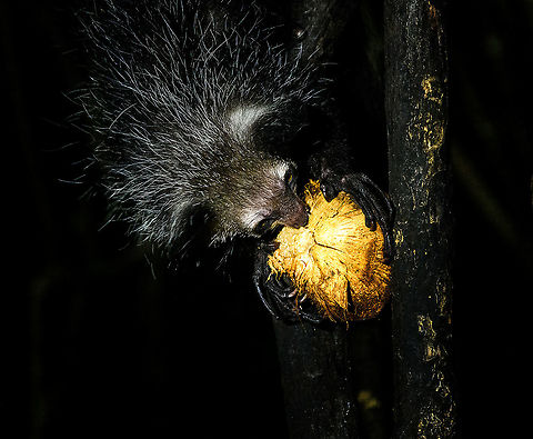 Aye-aye - 4, Palmarium, Madagascar Here it is, the Aye-Aye, the primate woodpecker, rodent, bat or "heh heh", Malagasy for "I don't know". 

"I don't know" is exactly the first thing that popped into my brain upon seeing it. My brain struggled to understand what it was seeing, despite having read about Aye-ayes at a basic level. It just doesn't register or fit into any boxes.

My second thought was that if I would not know any better, I'd go along with the local superstition that this is a demonic animal. 

Science didn't really know either in earlier times. This creature first was considered a rodent, based on its teeth that perpetually grow and thus must constantly be worn down. It took a long time for it to be considered a primate, and specifically a lemur.

A very weird primate. Its ears are huge and have inner ridges similar to bats, optimized for echolocation, making this the only primate to use this.

Echolocation comes into play when its taps its lengthy 3rd finger rapidly on tree tunks to locate insects/larvae inside. Next, it uses its strong teeth to gnawl a hole into the trunk. Finally, it uses its extremely lengthy 4th finger to rapidly pull out the contents, like a machine gun, using a special hooked nail.

I had always imagined the Aye-aye to be kind of like a Koala: small, slow, and vulnerable. I was wrong at every level. It's pretty large, combined with the tail above 1m in length. It's very fast and escapes a scene in about 2 seconds. It's teeth and fingers are not careful or fragile tools, they're like power tools. 

The backstory: from Palmarium, on dry nights, you can take a boat to an uninhabited island. On the island live 6-8 Aye-ayes. They are typically in the canopy of a mangrove forest. Coconuts are strategically placed at a lower level to lure them down. Flash lights and camera flash are disallowed, yet when the lure action is succesful, a relatively weak area light shines on the feeding Aye-aye, which does not seem to disturb them.

Photographing them is challenging due to the lack of flash and the light source being quite weak, but it can be done with some special measures.

To Henriette and me, the Aye-aye was this year's trophy and a proper closure on 3 years of Madagascar, so I'm going to be generous in sharing many shots of this fantastic animal. We're not done with the set though, not quite yet.

https://www.jungledragon.com/image/87321/aye-aye_-_1_palmarium_madagascar.html
https://www.jungledragon.com/image/87322/aye-aye_-_2_palmarium_madagascar.html
https://www.jungledragon.com/image/87323/aye-aye_-_3_palmarium_madagascar.html
https://www.jungledragon.com/image/87325/aye-aye_-_5_palmarium_madagascar.html
https://www.jungledragon.com/image/87326/aye-aye_-_6_palmarium_madagascar.html
https://www.jungledragon.com/image/87327/aye-aye_-_7_palmarium_madagascar.html
https://www.jungledragon.com/image/87328/aye-aye_-_8_palmarium_madagascar.html
https://www.jungledragon.com/image/87329/aye-aye_-_9_palmarium_madagascar.html
https://www.jungledragon.com/image/87330/aye-aye_-_10_palmarium_madagascar.html
https://www.jungledragon.com/image/87331/aye-aye_-_11_palmarium_madagascar.html
https://www.jungledragon.com/image/87332/aye-aye_-_12_palmarium_madagascar.html
https://www.jungledragon.com/image/87333/aye-aye_-_13_palmarium_madagascar.html
https://www.jungledragon.com/image/87334/aye-aye_-_14_palmarium_madagascar.html
https://www.jungledragon.com/image/87335/aye-aye_-_15_palmarium_madagascar.html
https://www.jungledragon.com/image/87336/aye-aye_-_16_palmarium_madagascar.html
https://www.jungledragon.com/image/87337/aye-aye_-_17_palmarium_madagascar.html
https://www.jungledragon.com/image/87338/aye-aye_-_18_palmarium_madagascar.html
https://www.jungledragon.com/image/87339/aye-aye_-_19_palmarium_madagascar.html
https://www.jungledragon.com/image/87340/aye-aye_-_20_palmarium_madagascar.html

https://www.youtube.com/watch?v=295rx5Dqsf4 Africa,Aye-aye,Daubentonia madagascariensis,Geotagged,Madagascar,Madagascar 2019,Palmarium reserve,Winter,World