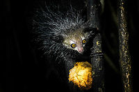 Aye-aye - 5, Palmarium, Madagascar Here it is, the Aye-Aye, the primate woodpecker, rodent, bat or "heh heh", Malagasy for "I don't know". <br />
<br />
"I don't know" is exactly the first thing that popped into my brain upon seeing it. My brain struggled to understand what it was seeing, despite having read about Aye-ayes at a basic level. It just doesn't register or fit into any boxes.<br />
<br />
My second thought was that if I would not know any better, I'd go along with the local superstition that this is a demonic animal. <br />
<br />
Science didn't really know either in earlier times. This creature first was considered a rodent, based on its teeth that perpetually grow and thus must constantly be worn down. It took a long time for it to be considered a primate, and specifically a lemur.<br />
<br />
A very weird primate. Its ears are huge and have inner ridges similar to bats, optimized for echolocation, making this the only primate to use this.<br />
<br />
Echolocation comes into play when its taps its lengthy 3rd finger rapidly on tree tunks to locate insects/larvae inside. Next, it uses its strong teeth to gnawl a hole into the trunk. Finally, it uses its extremely lengthy 4th finger to rapidly pull out the contents, like a machine gun, using a special hooked nail.<br />
<br />
I had always imagined the Aye-aye to be kind of like a Koala: small, slow, and vulnerable. I was wrong at every level. It's pretty large, combined with the tail above 1m in length. It's very fast and escapes a scene in about 2 seconds. It's teeth and fingers are not careful or fragile tools, they're like power tools. <br />
<br />
The backstory: from Palmarium, on dry nights, you can take a boat to an uninhabited island. On the island live 6-8 Aye-ayes. They are typically in the canopy of a mangrove forest. Coconuts are strategically placed at a lower level to lure them down. Flash lights and camera flash are disallowed, yet when the lure action is succesful, a relatively weak area light shines on the feeding Aye-aye, which does not seem to disturb them.<br />
<br />
Photographing them is challenging due to the lack of flash and the light source being quite weak, but it can be done with some special measures.<br />
<br />
To Henriette and me, the Aye-aye was this year's trophy and a proper closure on 3 years of Madagascar, so I'm going to be generous in sharing many shots of this fantastic animal. We're not done with the set though, not quite yet.<br />
<br />
https://www.jungledragon.com/image/87321/aye-aye_-_1_palmarium_madagascar.html<br />
https://www.jungledragon.com/image/87322/aye-aye_-_2_palmarium_madagascar.html<br />
https://www.jungledragon.com/image/87323/aye-aye_-_3_palmarium_madagascar.html<br />
https://www.jungledragon.com/image/87324/aye-aye_-_4_palmarium_madagascar.html<br />
https://www.jungledragon.com/image/87326/aye-aye_-_6_palmarium_madagascar.html<br />
https://www.jungledragon.com/image/87327/aye-aye_-_7_palmarium_madagascar.html<br />
https://www.jungledragon.com/image/87328/aye-aye_-_8_palmarium_madagascar.html<br />
https://www.jungledragon.com/image/87329/aye-aye_-_9_palmarium_madagascar.html<br />
https://www.jungledragon.com/image/87330/aye-aye_-_10_palmarium_madagascar.html<br />
https://www.jungledragon.com/image/87331/aye-aye_-_11_palmarium_madagascar.html<br />
https://www.jungledragon.com/image/87332/aye-aye_-_12_palmarium_madagascar.html<br />
https://www.jungledragon.com/image/87333/aye-aye_-_13_palmarium_madagascar.html<br />
https://www.jungledragon.com/image/87334/aye-aye_-_14_palmarium_madagascar.html<br />
https://www.jungledragon.com/image/87335/aye-aye_-_15_palmarium_madagascar.html<br />
https://www.jungledragon.com/image/87336/aye-aye_-_16_palmarium_madagascar.html<br />
https://www.jungledragon.com/image/87337/aye-aye_-_17_palmarium_madagascar.html<br />
https://www.jungledragon.com/image/87338/aye-aye_-_18_palmarium_madagascar.html<br />
https://www.jungledragon.com/image/87339/aye-aye_-_19_palmarium_madagascar.html<br />
https://www.jungledragon.com/image/87340/aye-aye_-_20_palmarium_madagascar.html<br />
<br />
https://www.youtube.com/watch?v=295rx5Dqsf4 Africa,Aye-aye,Daubentonia madagascariensis,Geotagged,Madagascar,Madagascar 2019,Palmarium reserve,Winter,World