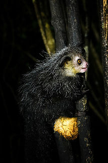 Aye-aye - 6, Palmarium, Madagascar Here it is, the Aye-Aye, the primate woodpecker, rodent, bat or "heh heh", Malagasy for "I don't know". 

"I don't know" is exactly the first thing that popped into my brain upon seeing it. My brain struggled to understand what it was seeing, despite having read about Aye-ayes at a basic level. It just doesn't register or fit into any boxes.

My second thought was that if I would not know any better, I'd go along with the local superstition that this is a demonic animal. 

Science didn't really know either in earlier times. This creature first was considered a rodent, based on its teeth that perpetually grow and thus must constantly be worn down. It took a long time for it to be considered a primate, and specifically a lemur.

A very weird primate. Its ears are huge and have inner ridges similar to bats, optimized for echolocation, making this the only primate to use this.

Echolocation comes into play when its taps its lengthy 3rd finger rapidly on tree tunks to locate insects/larvae inside. Next, it uses its strong teeth to gnawl a hole into the trunk. Finally, it uses its extremely lengthy 4th finger to rapidly pull out the contents, like a machine gun, using a special hooked nail.

I had always imagined the Aye-aye to be kind of like a Koala: small, slow, and vulnerable. I was wrong at every level. It's pretty large, combined with the tail above 1m in length. It's very fast and escapes a scene in about 2 seconds. It's teeth and fingers are not careful or fragile tools, they're like power tools. 

The backstory: from Palmarium, on dry nights, you can take a boat to an uninhabited island. On the island live 6-8 Aye-ayes. They are typically in the canopy of a mangrove forest. Coconuts are strategically placed at a lower level to lure them down. Flash lights and camera flash are disallowed, yet when the lure action is succesful, a relatively weak area light shines on the feeding Aye-aye, which does not seem to disturb them.

Photographing them is challenging due to the lack of flash and the light source being quite weak, but it can be done with some special measures.

To Henriette and me, the Aye-aye was this year's trophy and a proper closure on 3 years of Madagascar, so I'm going to be generous in sharing many shots of this fantastic animal. We're not done with the set though, not quite yet.

https://www.jungledragon.com/image/87321/aye-aye_-_1_palmarium_madagascar.html
https://www.jungledragon.com/image/87322/aye-aye_-_2_palmarium_madagascar.html
https://www.jungledragon.com/image/87323/aye-aye_-_3_palmarium_madagascar.html
https://www.jungledragon.com/image/87324/aye-aye_-_4_palmarium_madagascar.html
https://www.jungledragon.com/image/87325/aye-aye_-_5_palmarium_madagascar.html
https://www.jungledragon.com/image/87327/aye-aye_-_7_palmarium_madagascar.html
https://www.jungledragon.com/image/87328/aye-aye_-_8_palmarium_madagascar.html
https://www.jungledragon.com/image/87329/aye-aye_-_9_palmarium_madagascar.html
https://www.jungledragon.com/image/87330/aye-aye_-_10_palmarium_madagascar.html
https://www.jungledragon.com/image/87331/aye-aye_-_11_palmarium_madagascar.html
https://www.jungledragon.com/image/87332/aye-aye_-_12_palmarium_madagascar.html
https://www.jungledragon.com/image/87333/aye-aye_-_13_palmarium_madagascar.html
https://www.jungledragon.com/image/87334/aye-aye_-_14_palmarium_madagascar.html
https://www.jungledragon.com/image/87335/aye-aye_-_15_palmarium_madagascar.html
https://www.jungledragon.com/image/87336/aye-aye_-_16_palmarium_madagascar.html
https://www.jungledragon.com/image/87337/aye-aye_-_17_palmarium_madagascar.html
https://www.jungledragon.com/image/87338/aye-aye_-_18_palmarium_madagascar.html
https://www.jungledragon.com/image/87339/aye-aye_-_19_palmarium_madagascar.html
https://www.jungledragon.com/image/87340/aye-aye_-_20_palmarium_madagascar.html

https://www.youtube.com/watch?v=295rx5Dqsf4 Africa,Aye-aye,Daubentonia madagascariensis,Geotagged,Madagascar,Madagascar 2019,Palmarium reserve,Winter,World