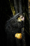 Aye-aye - 6, Palmarium, Madagascar Here it is, the Aye-Aye, the primate woodpecker, rodent, bat or "heh heh", Malagasy for "I don't know". <br />
<br />
"I don't know" is exactly the first thing that popped into my brain upon seeing it. My brain struggled to understand what it was seeing, despite having read about Aye-ayes at a basic level. It just doesn't register or fit into any boxes.<br />
<br />
My second thought was that if I would not know any better, I'd go along with the local superstition that this is a demonic animal. <br />
<br />
Science didn't really know either in earlier times. This creature first was considered a rodent, based on its teeth that perpetually grow and thus must constantly be worn down. It took a long time for it to be considered a primate, and specifically a lemur.<br />
<br />
A very weird primate. Its ears are huge and have inner ridges similar to bats, optimized for echolocation, making this the only primate to use this.<br />
<br />
Echolocation comes into play when its taps its lengthy 3rd finger rapidly on tree tunks to locate insects/larvae inside. Next, it uses its strong teeth to gnawl a hole into the trunk. Finally, it uses its extremely lengthy 4th finger to rapidly pull out the contents, like a machine gun, using a special hooked nail.<br />
<br />
I had always imagined the Aye-aye to be kind of like a Koala: small, slow, and vulnerable. I was wrong at every level. It's pretty large, combined with the tail above 1m in length. It's very fast and escapes a scene in about 2 seconds. It's teeth and fingers are not careful or fragile tools, they're like power tools. <br />
<br />
The backstory: from Palmarium, on dry nights, you can take a boat to an uninhabited island. On the island live 6-8 Aye-ayes. They are typically in the canopy of a mangrove forest. Coconuts are strategically placed at a lower level to lure them down. Flash lights and camera flash are disallowed, yet when the lure action is succesful, a relatively weak area light shines on the feeding Aye-aye, which does not seem to disturb them.<br />
<br />
Photographing them is challenging due to the lack of flash and the light source being quite weak, but it can be done with some special measures.<br />
<br />
To Henriette and me, the Aye-aye was this year's trophy and a proper closure on 3 years of Madagascar, so I'm going to be generous in sharing many shots of this fantastic animal. We're not done with the set though, not quite yet.<br />
<br />
https://www.jungledragon.com/image/87321/aye-aye_-_1_palmarium_madagascar.html<br />
https://www.jungledragon.com/image/87322/aye-aye_-_2_palmarium_madagascar.html<br />
https://www.jungledragon.com/image/87323/aye-aye_-_3_palmarium_madagascar.html<br />
https://www.jungledragon.com/image/87324/aye-aye_-_4_palmarium_madagascar.html<br />
https://www.jungledragon.com/image/87325/aye-aye_-_5_palmarium_madagascar.html<br />
https://www.jungledragon.com/image/87327/aye-aye_-_7_palmarium_madagascar.html<br />
https://www.jungledragon.com/image/87328/aye-aye_-_8_palmarium_madagascar.html<br />
https://www.jungledragon.com/image/87329/aye-aye_-_9_palmarium_madagascar.html<br />
https://www.jungledragon.com/image/87330/aye-aye_-_10_palmarium_madagascar.html<br />
https://www.jungledragon.com/image/87331/aye-aye_-_11_palmarium_madagascar.html<br />
https://www.jungledragon.com/image/87332/aye-aye_-_12_palmarium_madagascar.html<br />
https://www.jungledragon.com/image/87333/aye-aye_-_13_palmarium_madagascar.html<br />
https://www.jungledragon.com/image/87334/aye-aye_-_14_palmarium_madagascar.html<br />
https://www.jungledragon.com/image/87335/aye-aye_-_15_palmarium_madagascar.html<br />
https://www.jungledragon.com/image/87336/aye-aye_-_16_palmarium_madagascar.html<br />
https://www.jungledragon.com/image/87337/aye-aye_-_17_palmarium_madagascar.html<br />
https://www.jungledragon.com/image/87338/aye-aye_-_18_palmarium_madagascar.html<br />
https://www.jungledragon.com/image/87339/aye-aye_-_19_palmarium_madagascar.html<br />
https://www.jungledragon.com/image/87340/aye-aye_-_20_palmarium_madagascar.html<br />
<br />
https://www.youtube.com/watch?v=295rx5Dqsf4 Africa,Aye-aye,Daubentonia madagascariensis,Geotagged,Madagascar,Madagascar 2019,Palmarium reserve,Winter,World