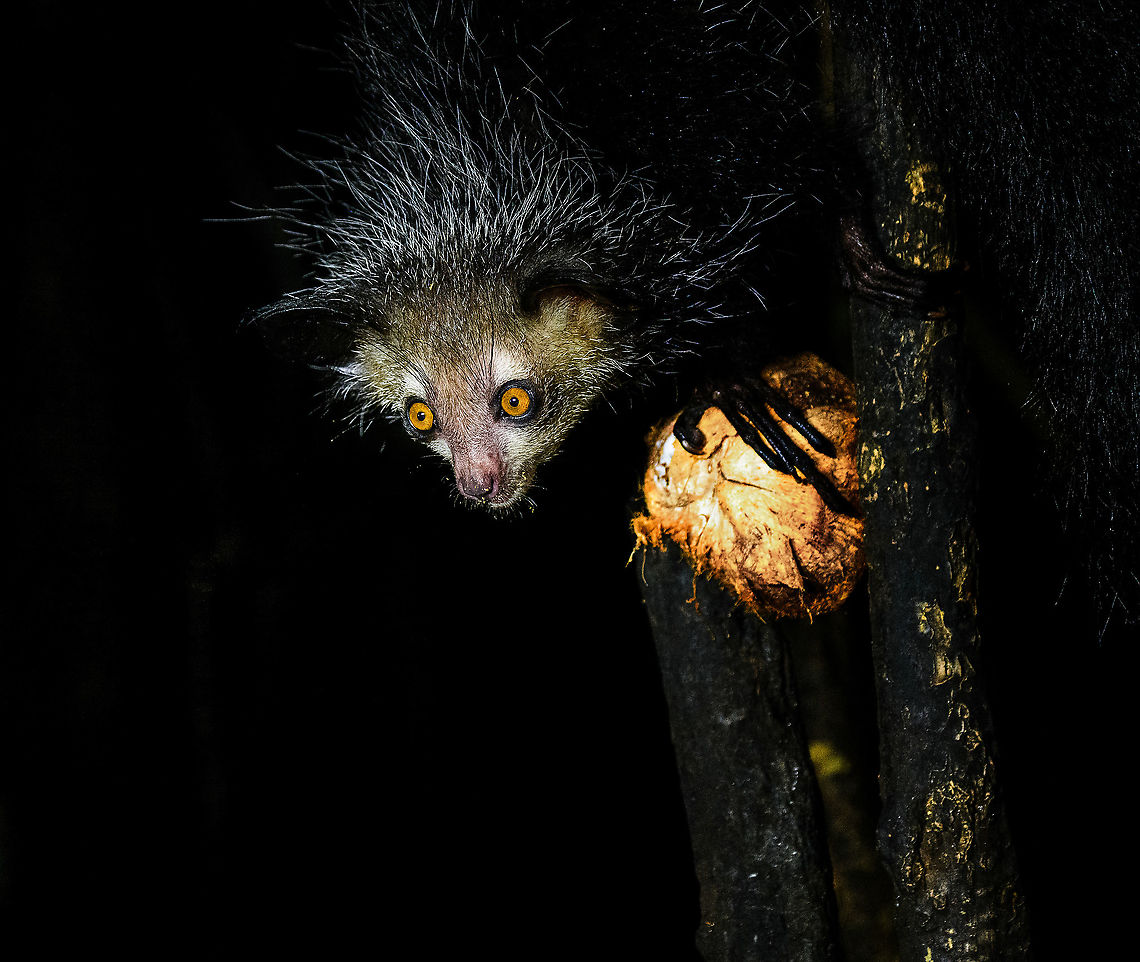Aye-aye - 7, Palmarium, Madagascar Here it is, the Aye-Aye, the primate woodpecker, rodent, bat or &quot;heh heh&quot;, Malagasy for &quot;I don&#039;t know&quot;. <br />
<br />
&quot;I don&#039;t know&quot; is exactly the first thing that popped into my brain upon seeing it. My brain struggled to understand what it was seeing, despite having read about Aye-ayes at a basic level. It just doesn&#039;t register or fit into any boxes.<br />
<br />
My second thought was that if I would not know any better, I&#039;d go along with the local superstition that this is a demonic animal. <br />
<br />
Science didn&#039;t really know either in earlier times. This creature first was considered a rodent, based on its teeth that perpetually grow and thus must constantly be worn down. It took a long time for it to be considered a primate, and specifically a lemur.<br />
<br />
A very weird primate. Its ears are huge and have inner ridges similar to bats, optimized for echolocation, making this the only primate to use this.<br />
<br />
Echolocation comes into play when its taps its lengthy 3rd finger rapidly on tree tunks to locate insects/larvae inside. Next, it uses its strong teeth to gnawl a hole into the trunk. Finally, it uses its extremely lengthy 4th finger to rapidly pull out the contents, like a machine gun, using a special hooked nail.<br />
<br />
I had always imagined the Aye-aye to be kind of like a Koala: small, slow, and vulnerable. I was wrong at every level. It&#039;s pretty large, combined with the tail above 1m in length. It&#039;s very fast and escapes a scene in about 2 seconds. It&#039;s teeth and fingers are not careful or fragile tools, they&#039;re like power tools. <br />
<br />
The backstory: from Palmarium, on dry nights, you can take a boat to an uninhabited island. On the island live 6-8 Aye-ayes. They are typically in the canopy of a mangrove forest. Coconuts are strategically placed at a lower level to lure them down. Flash lights and camera flash are disallowed, yet when the lure action is succesful, a relatively weak area light shines on the feeding Aye-aye, which does not seem to disturb them.<br />
<br />
Photographing them is challenging due to the lack of flash and the light source being quite weak, but it can be done with some special measures.<br />
<br />
To Henriette and me, the Aye-aye was this year&#039;s trophy and a proper closure on 3 years of Madagascar, so I&#039;m going to be generous in sharing many shots of this fantastic animal. We&#039;re not done with the set though, not quite yet.<br />
<br />
<figure class="photo"><a href="https://www.jungledragon.com/image/87321/aye-aye_-_1_palmarium_madagascar.html" title="Aye-aye - 1, Palmarium, Madagascar"><img src="https://s3.amazonaws.com/media.jungledragon.com/images/2/87321_thumb.jpg?AWSAccessKeyId=05GMT0V3GWVNE7GGM1R2&Expires=1759968010&Signature=nhOQniCYsV6KeNBjW2uflKAxDUU%3D" width="200" height="130" alt="Aye-aye - 1, Palmarium, Madagascar Here it is, the Aye-Aye, the primate woodpecker, rodent, bat or &quot;heh heh&quot;, Malagasy for &quot;I don&#039;t know&quot;. <br />
<br />
&quot;I don&#039;t know&quot; is exactly the first thing that popped into my brain upon seeing it. My brain struggled to understand what it was seeing, despite having read about Aye-ayes at a basic level. It just doesn&#039;t register or fit into any boxes.<br />
<br />
My second thought was that if I would not know any better, I&#039;d go along with the local superstition that this is a demonic animal. <br />
<br />
Science didn&#039;t really know either in earlier times. This creature first was considered a rodent, based on its teeth that perpetually grow and thus must constantly be worn down. It took a long time for it to be considered a primate, and specifically a lemur.<br />
<br />
A very weird primate. Its ears are huge and have inner ridges similar to bats, optimized for echolocation, making this the only primate to use this.<br />
<br />
Echolocation comes into play when its taps its lengthy 3rd finger rapidly on tree tunks to locate insects/larvae inside. Next, it uses its strong teeth to gnawl a hole into the trunk. Finally, it uses its extremely lengthy 4th finger to rapidly pull out the contents, like a machine gun, using a special hooked nail.<br />
<br />
I had always imagined the Aye-aye to be kind of like a Koala: small, slow, and vulnerable. I was wrong at every level. It&#039;s pretty large, combined with the tail above 1m in length. It&#039;s very fast and escapes a scene in about 2 seconds. It&#039;s teeth and fingers are not careful or fragile tools, they&#039;re like power tools. <br />
<br />
The backstory: from Palmarium, on dry nights, you can take a boat to an uninhabited island. On the island live 6-8 Aye-ayes. They are typically in the canopy of a mangrove forest. Coconuts are strategically placed at a lower level to lure them down. Flash lights and camera flash are disallowed, yet when the lure action is succesful, a relatively weak area light shines on the feeding Aye-aye, which does not seem to disturb them.<br />
<br />
Photographing them is challenging due to the lack of flash and the light source being quite weak, but it can be done with some special measures.<br />
<br />
To Henriette and me, the Aye-aye was this year&#039;s trophy and a proper closure on 3 years of Madagascar, so I&#039;m going to be generous in sharing many shots of this fantastic animal. We&#039;re not done with the set though, not quite yet.<br />
<br />
https://www.jungledragon.com/image/87322/aye-aye_-_2_palmarium_madagascar.html<br />
https://www.jungledragon.com/image/87323/aye-aye_-_3_palmarium_madagascar.html<br />
https://www.jungledragon.com/image/87324/aye-aye_-_4_palmarium_madagascar.html<br />
https://www.jungledragon.com/image/87325/aye-aye_-_5_palmarium_madagascar.html<br />
https://www.jungledragon.com/image/87326/aye-aye_-_6_palmarium_madagascar.html<br />
https://www.jungledragon.com/image/87327/aye-aye_-_7_palmarium_madagascar.html<br />
https://www.jungledragon.com/image/87328/aye-aye_-_8_palmarium_madagascar.html<br />
https://www.jungledragon.com/image/87329/aye-aye_-_9_palmarium_madagascar.html<br />
https://www.jungledragon.com/image/87330/aye-aye_-_10_palmarium_madagascar.html<br />
https://www.jungledragon.com/image/87331/aye-aye_-_11_palmarium_madagascar.html<br />
https://www.jungledragon.com/image/87332/aye-aye_-_12_palmarium_madagascar.html<br />
https://www.jungledragon.com/image/87333/aye-aye_-_13_palmarium_madagascar.html<br />
https://www.jungledragon.com/image/87334/aye-aye_-_14_palmarium_madagascar.html<br />
https://www.jungledragon.com/image/87335/aye-aye_-_15_palmarium_madagascar.html<br />
https://www.jungledragon.com/image/87336/aye-aye_-_16_palmarium_madagascar.html<br />
https://www.jungledragon.com/image/87337/aye-aye_-_17_palmarium_madagascar.html<br />
https://www.jungledragon.com/image/87338/aye-aye_-_18_palmarium_madagascar.html<br />
https://www.jungledragon.com/image/87339/aye-aye_-_19_palmarium_madagascar.html<br />
https://www.jungledragon.com/image/87340/aye-aye_-_20_palmarium_madagascar.html<br />
<br />
https://www.youtube.com/watch?v=295rx5Dqsf4 Africa,Aye-aye,Daubentonia madagascariensis,Geotagged,Madagascar,Madagascar 2019,Palmarium reserve,Winter,World" /></a></figure><br />
<figure class="photo"><a href="https://www.jungledragon.com/image/87322/aye-aye_-_2_palmarium_madagascar.html" title="Aye-aye - 2, Palmarium, Madagascar"><img src="https://s3.amazonaws.com/media.jungledragon.com/images/2/87322_thumb.jpg?AWSAccessKeyId=05GMT0V3GWVNE7GGM1R2&Expires=1759968010&Signature=tdchN0giTzURzM3sOqke0I%2Fwusk%3D" width="144" height="152" alt="Aye-aye - 2, Palmarium, Madagascar Here it is, the Aye-Aye, the primate woodpecker, rodent, bat or &quot;heh heh&quot;, Malagasy for &quot;I don&#039;t know&quot;. <br />
<br />
&quot;I don&#039;t know&quot; is exactly the first thing that popped into my brain upon seeing it. My brain struggled to understand what it was seeing, despite having read about Aye-ayes at a basic level. It just doesn&#039;t register or fit into any boxes.<br />
<br />
My second thought was that if I would not know any better, I&#039;d go along with the local superstition that this is a demonic animal. <br />
<br />
Science didn&#039;t really know either in earlier times. This creature first was considered a rodent, based on its teeth that perpetually grow and thus must constantly be worn down. It took a long time for it to be considered a primate, and specifically a lemur.<br />
<br />
A very weird primate. Its ears are huge and have inner ridges similar to bats, optimized for echolocation, making this the only primate to use this.<br />
<br />
Echolocation comes into play when its taps its lengthy 3rd finger rapidly on tree tunks to locate insects/larvae inside. Next, it uses its strong teeth to gnawl a hole into the trunk. Finally, it uses its extremely lengthy 4th finger to rapidly pull out the contents, like a machine gun, using a special hooked nail.<br />
<br />
I had always imagined the Aye-aye to be kind of like a Koala: small, slow, and vulnerable. I was wrong at every level. It&#039;s pretty large, combined with the tail above 1m in length. It&#039;s very fast and escapes a scene in about 2 seconds. It&#039;s teeth and fingers are not careful or fragile tools, they&#039;re like power tools. <br />
<br />
The backstory: from Palmarium, on dry nights, you can take a boat to an uninhabited island. On the island live 6-8 Aye-ayes. They are typically in the canopy of a mangrove forest. Coconuts are strategically placed at a lower level to lure them down. Flash lights and camera flash are disallowed, yet when the lure action is succesful, a relatively weak area light shines on the feeding Aye-aye, which does not seem to disturb them.<br />
<br />
Photographing them is challenging due to the lack of flash and the light source being quite weak, but it can be done with some special measures.<br />
<br />
To Henriette and me, the Aye-aye was this year&#039;s trophy and a proper closure on 3 years of Madagascar, so I&#039;m going to be generous in sharing many shots of this fantastic animal. We&#039;re not done with the set though, not quite yet.<br />
<br />
https://www.jungledragon.com/image/87321/aye-aye_-_1_palmarium_madagascar.html<br />
https://www.jungledragon.com/image/87323/aye-aye_-_3_palmarium_madagascar.html<br />
https://www.jungledragon.com/image/87324/aye-aye_-_4_palmarium_madagascar.html<br />
https://www.jungledragon.com/image/87325/aye-aye_-_5_palmarium_madagascar.html<br />
https://www.jungledragon.com/image/87326/aye-aye_-_6_palmarium_madagascar.html<br />
https://www.jungledragon.com/image/87327/aye-aye_-_7_palmarium_madagascar.html<br />
https://www.jungledragon.com/image/87328/aye-aye_-_8_palmarium_madagascar.html<br />
https://www.jungledragon.com/image/87329/aye-aye_-_9_palmarium_madagascar.html<br />
https://www.jungledragon.com/image/87330/aye-aye_-_10_palmarium_madagascar.html<br />
https://www.jungledragon.com/image/87331/aye-aye_-_11_palmarium_madagascar.html<br />
https://www.jungledragon.com/image/87332/aye-aye_-_12_palmarium_madagascar.html<br />
https://www.jungledragon.com/image/87333/aye-aye_-_13_palmarium_madagascar.html<br />
https://www.jungledragon.com/image/87334/aye-aye_-_14_palmarium_madagascar.html<br />
https://www.jungledragon.com/image/87335/aye-aye_-_15_palmarium_madagascar.html<br />
https://www.jungledragon.com/image/87336/aye-aye_-_16_palmarium_madagascar.html<br />
https://www.jungledragon.com/image/87337/aye-aye_-_17_palmarium_madagascar.html<br />
https://www.jungledragon.com/image/87338/aye-aye_-_18_palmarium_madagascar.html<br />
https://www.jungledragon.com/image/87339/aye-aye_-_19_palmarium_madagascar.html<br />
https://www.jungledragon.com/image/87340/aye-aye_-_20_palmarium_madagascar.html<br />
<br />
https://www.youtube.com/watch?v=295rx5Dqsf4 Africa,Aye-aye,Daubentonia madagascariensis,Geotagged,Madagascar,Madagascar 2019,Palmarium reserve,Winter,World" /></a></figure><br />
<figure class="photo"><a href="https://www.jungledragon.com/image/87323/aye-aye_-_3_palmarium_madagascar.html" title="Aye-aye - 3, Palmarium, Madagascar"><img src="https://s3.amazonaws.com/media.jungledragon.com/images/2/87323_thumb.jpg?AWSAccessKeyId=05GMT0V3GWVNE7GGM1R2&Expires=1759968010&Signature=hV41abwIH%2FSx708i7wiWmnd%2F13U%3D" width="124" height="152" alt="Aye-aye - 3, Palmarium, Madagascar Here it is, the Aye-Aye, the primate woodpecker, rodent, bat or &quot;heh heh&quot;, Malagasy for &quot;I don&#039;t know&quot;. <br />
<br />
&quot;I don&#039;t know&quot; is exactly the first thing that popped into my brain upon seeing it. My brain struggled to understand what it was seeing, despite having read about Aye-ayes at a basic level. It just doesn&#039;t register or fit into any boxes.<br />
<br />
My second thought was that if I would not know any better, I&#039;d go along with the local superstition that this is a demonic animal. <br />
<br />
Science didn&#039;t really know either in earlier times. This creature first was considered a rodent, based on its teeth that perpetually grow and thus must constantly be worn down. It took a long time for it to be considered a primate, and specifically a lemur.<br />
<br />
A very weird primate. Its ears are huge and have inner ridges similar to bats, optimized for echolocation, making this the only primate to use this.<br />
<br />
Echolocation comes into play when its taps its lengthy 3rd finger rapidly on tree tunks to locate insects/larvae inside. Next, it uses its strong teeth to gnawl a hole into the trunk. Finally, it uses its extremely lengthy 4th finger to rapidly pull out the contents, like a machine gun, using a special hooked nail.<br />
<br />
I had always imagined the Aye-aye to be kind of like a Koala: small, slow, and vulnerable. I was wrong at every level. It&#039;s pretty large, combined with the tail above 1m in length. It&#039;s very fast and escapes a scene in about 2 seconds. It&#039;s teeth and fingers are not careful or fragile tools, they&#039;re like power tools. <br />
<br />
The backstory: from Palmarium, on dry nights, you can take a boat to an uninhabited island. On the island live 6-8 Aye-ayes. They are typically in the canopy of a mangrove forest. Coconuts are strategically placed at a lower level to lure them down. Flash lights and camera flash are disallowed, yet when the lure action is succesful, a relatively weak area light shines on the feeding Aye-aye, which does not seem to disturb them.<br />
<br />
Photographing them is challenging due to the lack of flash and the light source being quite weak, but it can be done with some special measures.<br />
<br />
To Henriette and me, the Aye-aye was this year&#039;s trophy and a proper closure on 3 years of Madagascar, so I&#039;m going to be generous in sharing many shots of this fantastic animal. We&#039;re not done with the set though, not quite yet.<br />
<br />
https://www.jungledragon.com/image/87321/aye-aye_-_1_palmarium_madagascar.html<br />
https://www.jungledragon.com/image/87322/aye-aye_-_2_palmarium_madagascar.html<br />
https://www.jungledragon.com/image/87324/aye-aye_-_4_palmarium_madagascar.html<br />
https://www.jungledragon.com/image/87325/aye-aye_-_5_palmarium_madagascar.html<br />
https://www.jungledragon.com/image/87326/aye-aye_-_6_palmarium_madagascar.html<br />
https://www.jungledragon.com/image/87327/aye-aye_-_7_palmarium_madagascar.html<br />
https://www.jungledragon.com/image/87328/aye-aye_-_8_palmarium_madagascar.html<br />
https://www.jungledragon.com/image/87329/aye-aye_-_9_palmarium_madagascar.html<br />
https://www.jungledragon.com/image/87330/aye-aye_-_10_palmarium_madagascar.html<br />
https://www.jungledragon.com/image/87331/aye-aye_-_11_palmarium_madagascar.html<br />
https://www.jungledragon.com/image/87332/aye-aye_-_12_palmarium_madagascar.html<br />
https://www.jungledragon.com/image/87333/aye-aye_-_13_palmarium_madagascar.html<br />
https://www.jungledragon.com/image/87334/aye-aye_-_14_palmarium_madagascar.html<br />
https://www.jungledragon.com/image/87335/aye-aye_-_15_palmarium_madagascar.html<br />
https://www.jungledragon.com/image/87336/aye-aye_-_16_palmarium_madagascar.html<br />
https://www.jungledragon.com/image/87337/aye-aye_-_17_palmarium_madagascar.html<br />
https://www.jungledragon.com/image/87338/aye-aye_-_18_palmarium_madagascar.html<br />
https://www.jungledragon.com/image/87339/aye-aye_-_19_palmarium_madagascar.html<br />
https://www.jungledragon.com/image/87340/aye-aye_-_20_palmarium_madagascar.html<br />
<br />
https://www.youtube.com/watch?v=295rx5Dqsf4 Africa,Aye-aye,Daubentonia madagascariensis,Madagascar,Madagascar 2019,Palmarium reserve,World" /></a></figure><br />
<figure class="photo"><a href="https://www.jungledragon.com/image/87324/aye-aye_-_4_palmarium_madagascar.html" title="Aye-aye - 4, Palmarium, Madagascar"><img src="https://s3.amazonaws.com/media.jungledragon.com/images/2/87324_thumb.jpg?AWSAccessKeyId=05GMT0V3GWVNE7GGM1R2&Expires=1759968010&Signature=v746jjk3Pnzaa8Nd6WXdcoYI5nk%3D" width="200" height="166" alt="Aye-aye - 4, Palmarium, Madagascar Here it is, the Aye-Aye, the primate woodpecker, rodent, bat or &quot;heh heh&quot;, Malagasy for &quot;I don&#039;t know&quot;. <br />
<br />
&quot;I don&#039;t know&quot; is exactly the first thing that popped into my brain upon seeing it. My brain struggled to understand what it was seeing, despite having read about Aye-ayes at a basic level. It just doesn&#039;t register or fit into any boxes.<br />
<br />
My second thought was that if I would not know any better, I&#039;d go along with the local superstition that this is a demonic animal. <br />
<br />
Science didn&#039;t really know either in earlier times. This creature first was considered a rodent, based on its teeth that perpetually grow and thus must constantly be worn down. It took a long time for it to be considered a primate, and specifically a lemur.<br />
<br />
A very weird primate. Its ears are huge and have inner ridges similar to bats, optimized for echolocation, making this the only primate to use this.<br />
<br />
Echolocation comes into play when its taps its lengthy 3rd finger rapidly on tree tunks to locate insects/larvae inside. Next, it uses its strong teeth to gnawl a hole into the trunk. Finally, it uses its extremely lengthy 4th finger to rapidly pull out the contents, like a machine gun, using a special hooked nail.<br />
<br />
I had always imagined the Aye-aye to be kind of like a Koala: small, slow, and vulnerable. I was wrong at every level. It&#039;s pretty large, combined with the tail above 1m in length. It&#039;s very fast and escapes a scene in about 2 seconds. It&#039;s teeth and fingers are not careful or fragile tools, they&#039;re like power tools. <br />
<br />
The backstory: from Palmarium, on dry nights, you can take a boat to an uninhabited island. On the island live 6-8 Aye-ayes. They are typically in the canopy of a mangrove forest. Coconuts are strategically placed at a lower level to lure them down. Flash lights and camera flash are disallowed, yet when the lure action is succesful, a relatively weak area light shines on the feeding Aye-aye, which does not seem to disturb them.<br />
<br />
Photographing them is challenging due to the lack of flash and the light source being quite weak, but it can be done with some special measures.<br />
<br />
To Henriette and me, the Aye-aye was this year&#039;s trophy and a proper closure on 3 years of Madagascar, so I&#039;m going to be generous in sharing many shots of this fantastic animal. We&#039;re not done with the set though, not quite yet.<br />
<br />
https://www.jungledragon.com/image/87321/aye-aye_-_1_palmarium_madagascar.html<br />
https://www.jungledragon.com/image/87322/aye-aye_-_2_palmarium_madagascar.html<br />
https://www.jungledragon.com/image/87323/aye-aye_-_3_palmarium_madagascar.html<br />
https://www.jungledragon.com/image/87325/aye-aye_-_5_palmarium_madagascar.html<br />
https://www.jungledragon.com/image/87326/aye-aye_-_6_palmarium_madagascar.html<br />
https://www.jungledragon.com/image/87327/aye-aye_-_7_palmarium_madagascar.html<br />
https://www.jungledragon.com/image/87328/aye-aye_-_8_palmarium_madagascar.html<br />
https://www.jungledragon.com/image/87329/aye-aye_-_9_palmarium_madagascar.html<br />
https://www.jungledragon.com/image/87330/aye-aye_-_10_palmarium_madagascar.html<br />
https://www.jungledragon.com/image/87331/aye-aye_-_11_palmarium_madagascar.html<br />
https://www.jungledragon.com/image/87332/aye-aye_-_12_palmarium_madagascar.html<br />
https://www.jungledragon.com/image/87333/aye-aye_-_13_palmarium_madagascar.html<br />
https://www.jungledragon.com/image/87334/aye-aye_-_14_palmarium_madagascar.html<br />
https://www.jungledragon.com/image/87335/aye-aye_-_15_palmarium_madagascar.html<br />
https://www.jungledragon.com/image/87336/aye-aye_-_16_palmarium_madagascar.html<br />
https://www.jungledragon.com/image/87337/aye-aye_-_17_palmarium_madagascar.html<br />
https://www.jungledragon.com/image/87338/aye-aye_-_18_palmarium_madagascar.html<br />
https://www.jungledragon.com/image/87339/aye-aye_-_19_palmarium_madagascar.html<br />
https://www.jungledragon.com/image/87340/aye-aye_-_20_palmarium_madagascar.html<br />
<br />
https://www.youtube.com/watch?v=295rx5Dqsf4 Africa,Aye-aye,Daubentonia madagascariensis,Geotagged,Madagascar,Madagascar 2019,Palmarium reserve,Winter,World" /></a></figure><br />
<figure class="photo"><a href="https://www.jungledragon.com/image/87325/aye-aye_-_5_palmarium_madagascar.html" title="Aye-aye - 5, Palmarium, Madagascar"><img src="https://s3.amazonaws.com/media.jungledragon.com/images/2/87325_thumb.jpg?AWSAccessKeyId=05GMT0V3GWVNE7GGM1R2&Expires=1759968010&Signature=xSOlrhdFfGsfFsGI%2BAZEUPRcY4U%3D" width="200" height="134" alt="Aye-aye - 5, Palmarium, Madagascar Here it is, the Aye-Aye, the primate woodpecker, rodent, bat or &quot;heh heh&quot;, Malagasy for &quot;I don&#039;t know&quot;. <br />
<br />
&quot;I don&#039;t know&quot; is exactly the first thing that popped into my brain upon seeing it. My brain struggled to understand what it was seeing, despite having read about Aye-ayes at a basic level. It just doesn&#039;t register or fit into any boxes.<br />
<br />
My second thought was that if I would not know any better, I&#039;d go along with the local superstition that this is a demonic animal. <br />
<br />
Science didn&#039;t really know either in earlier times. This creature first was considered a rodent, based on its teeth that perpetually grow and thus must constantly be worn down. It took a long time for it to be considered a primate, and specifically a lemur.<br />
<br />
A very weird primate. Its ears are huge and have inner ridges similar to bats, optimized for echolocation, making this the only primate to use this.<br />
<br />
Echolocation comes into play when its taps its lengthy 3rd finger rapidly on tree tunks to locate insects/larvae inside. Next, it uses its strong teeth to gnawl a hole into the trunk. Finally, it uses its extremely lengthy 4th finger to rapidly pull out the contents, like a machine gun, using a special hooked nail.<br />
<br />
I had always imagined the Aye-aye to be kind of like a Koala: small, slow, and vulnerable. I was wrong at every level. It&#039;s pretty large, combined with the tail above 1m in length. It&#039;s very fast and escapes a scene in about 2 seconds. It&#039;s teeth and fingers are not careful or fragile tools, they&#039;re like power tools. <br />
<br />
The backstory: from Palmarium, on dry nights, you can take a boat to an uninhabited island. On the island live 6-8 Aye-ayes. They are typically in the canopy of a mangrove forest. Coconuts are strategically placed at a lower level to lure them down. Flash lights and camera flash are disallowed, yet when the lure action is succesful, a relatively weak area light shines on the feeding Aye-aye, which does not seem to disturb them.<br />
<br />
Photographing them is challenging due to the lack of flash and the light source being quite weak, but it can be done with some special measures.<br />
<br />
To Henriette and me, the Aye-aye was this year&#039;s trophy and a proper closure on 3 years of Madagascar, so I&#039;m going to be generous in sharing many shots of this fantastic animal. We&#039;re not done with the set though, not quite yet.<br />
<br />
https://www.jungledragon.com/image/87321/aye-aye_-_1_palmarium_madagascar.html<br />
https://www.jungledragon.com/image/87322/aye-aye_-_2_palmarium_madagascar.html<br />
https://www.jungledragon.com/image/87323/aye-aye_-_3_palmarium_madagascar.html<br />
https://www.jungledragon.com/image/87324/aye-aye_-_4_palmarium_madagascar.html<br />
https://www.jungledragon.com/image/87326/aye-aye_-_6_palmarium_madagascar.html<br />
https://www.jungledragon.com/image/87327/aye-aye_-_7_palmarium_madagascar.html<br />
https://www.jungledragon.com/image/87328/aye-aye_-_8_palmarium_madagascar.html<br />
https://www.jungledragon.com/image/87329/aye-aye_-_9_palmarium_madagascar.html<br />
https://www.jungledragon.com/image/87330/aye-aye_-_10_palmarium_madagascar.html<br />
https://www.jungledragon.com/image/87331/aye-aye_-_11_palmarium_madagascar.html<br />
https://www.jungledragon.com/image/87332/aye-aye_-_12_palmarium_madagascar.html<br />
https://www.jungledragon.com/image/87333/aye-aye_-_13_palmarium_madagascar.html<br />
https://www.jungledragon.com/image/87334/aye-aye_-_14_palmarium_madagascar.html<br />
https://www.jungledragon.com/image/87335/aye-aye_-_15_palmarium_madagascar.html<br />
https://www.jungledragon.com/image/87336/aye-aye_-_16_palmarium_madagascar.html<br />
https://www.jungledragon.com/image/87337/aye-aye_-_17_palmarium_madagascar.html<br />
https://www.jungledragon.com/image/87338/aye-aye_-_18_palmarium_madagascar.html<br />
https://www.jungledragon.com/image/87339/aye-aye_-_19_palmarium_madagascar.html<br />
https://www.jungledragon.com/image/87340/aye-aye_-_20_palmarium_madagascar.html<br />
<br />
https://www.youtube.com/watch?v=295rx5Dqsf4 Africa,Aye-aye,Daubentonia madagascariensis,Geotagged,Madagascar,Madagascar 2019,Palmarium reserve,Winter,World" /></a></figure><br />
<figure class="photo"><a href="https://www.jungledragon.com/image/87326/aye-aye_-_6_palmarium_madagascar.html" title="Aye-aye - 6, Palmarium, Madagascar"><img src="https://s3.amazonaws.com/media.jungledragon.com/images/2/87326_thumb.jpg?AWSAccessKeyId=05GMT0V3GWVNE7GGM1R2&Expires=1759968010&Signature=YDQAk2kXddoFksPfeYansr9%2BKdQ%3D" width="102" height="152" alt="Aye-aye - 6, Palmarium, Madagascar Here it is, the Aye-Aye, the primate woodpecker, rodent, bat or &quot;heh heh&quot;, Malagasy for &quot;I don&#039;t know&quot;. <br />
<br />
&quot;I don&#039;t know&quot; is exactly the first thing that popped into my brain upon seeing it. My brain struggled to understand what it was seeing, despite having read about Aye-ayes at a basic level. It just doesn&#039;t register or fit into any boxes.<br />
<br />
My second thought was that if I would not know any better, I&#039;d go along with the local superstition that this is a demonic animal. <br />
<br />
Science didn&#039;t really know either in earlier times. This creature first was considered a rodent, based on its teeth that perpetually grow and thus must constantly be worn down. It took a long time for it to be considered a primate, and specifically a lemur.<br />
<br />
A very weird primate. Its ears are huge and have inner ridges similar to bats, optimized for echolocation, making this the only primate to use this.<br />
<br />
Echolocation comes into play when its taps its lengthy 3rd finger rapidly on tree tunks to locate insects/larvae inside. Next, it uses its strong teeth to gnawl a hole into the trunk. Finally, it uses its extremely lengthy 4th finger to rapidly pull out the contents, like a machine gun, using a special hooked nail.<br />
<br />
I had always imagined the Aye-aye to be kind of like a Koala: small, slow, and vulnerable. I was wrong at every level. It&#039;s pretty large, combined with the tail above 1m in length. It&#039;s very fast and escapes a scene in about 2 seconds. It&#039;s teeth and fingers are not careful or fragile tools, they&#039;re like power tools. <br />
<br />
The backstory: from Palmarium, on dry nights, you can take a boat to an uninhabited island. On the island live 6-8 Aye-ayes. They are typically in the canopy of a mangrove forest. Coconuts are strategically placed at a lower level to lure them down. Flash lights and camera flash are disallowed, yet when the lure action is succesful, a relatively weak area light shines on the feeding Aye-aye, which does not seem to disturb them.<br />
<br />
Photographing them is challenging due to the lack of flash and the light source being quite weak, but it can be done with some special measures.<br />
<br />
To Henriette and me, the Aye-aye was this year&#039;s trophy and a proper closure on 3 years of Madagascar, so I&#039;m going to be generous in sharing many shots of this fantastic animal. We&#039;re not done with the set though, not quite yet.<br />
<br />
https://www.jungledragon.com/image/87321/aye-aye_-_1_palmarium_madagascar.html<br />
https://www.jungledragon.com/image/87322/aye-aye_-_2_palmarium_madagascar.html<br />
https://www.jungledragon.com/image/87323/aye-aye_-_3_palmarium_madagascar.html<br />
https://www.jungledragon.com/image/87324/aye-aye_-_4_palmarium_madagascar.html<br />
https://www.jungledragon.com/image/87325/aye-aye_-_5_palmarium_madagascar.html<br />
https://www.jungledragon.com/image/87327/aye-aye_-_7_palmarium_madagascar.html<br />
https://www.jungledragon.com/image/87328/aye-aye_-_8_palmarium_madagascar.html<br />
https://www.jungledragon.com/image/87329/aye-aye_-_9_palmarium_madagascar.html<br />
https://www.jungledragon.com/image/87330/aye-aye_-_10_palmarium_madagascar.html<br />
https://www.jungledragon.com/image/87331/aye-aye_-_11_palmarium_madagascar.html<br />
https://www.jungledragon.com/image/87332/aye-aye_-_12_palmarium_madagascar.html<br />
https://www.jungledragon.com/image/87333/aye-aye_-_13_palmarium_madagascar.html<br />
https://www.jungledragon.com/image/87334/aye-aye_-_14_palmarium_madagascar.html<br />
https://www.jungledragon.com/image/87335/aye-aye_-_15_palmarium_madagascar.html<br />
https://www.jungledragon.com/image/87336/aye-aye_-_16_palmarium_madagascar.html<br />
https://www.jungledragon.com/image/87337/aye-aye_-_17_palmarium_madagascar.html<br />
https://www.jungledragon.com/image/87338/aye-aye_-_18_palmarium_madagascar.html<br />
https://www.jungledragon.com/image/87339/aye-aye_-_19_palmarium_madagascar.html<br />
https://www.jungledragon.com/image/87340/aye-aye_-_20_palmarium_madagascar.html<br />
<br />
https://www.youtube.com/watch?v=295rx5Dqsf4 Africa,Aye-aye,Daubentonia madagascariensis,Geotagged,Madagascar,Madagascar 2019,Palmarium reserve,Winter,World" /></a></figure><br />
<figure class="photo"><a href="https://www.jungledragon.com/image/87328/aye-aye_-_8_palmarium_madagascar.html" title="Aye-aye - 8, Palmarium, Madagascar"><img src="https://s3.amazonaws.com/media.jungledragon.com/images/2/87328_thumb.jpg?AWSAccessKeyId=05GMT0V3GWVNE7GGM1R2&Expires=1759968010&Signature=PIOvqGdLIN6z9iaXtsgVnS2awrY%3D" width="126" height="152" alt="Aye-aye - 8, Palmarium, Madagascar Here it is, the Aye-Aye, the primate woodpecker, rodent, bat or &quot;heh heh&quot;, Malagasy for &quot;I don&#039;t know&quot;. <br />
<br />
&quot;I don&#039;t know&quot; is exactly the first thing that popped into my brain upon seeing it. My brain struggled to understand what it was seeing, despite having read about Aye-ayes at a basic level. It just doesn&#039;t register or fit into any boxes.<br />
<br />
My second thought was that if I would not know any better, I&#039;d go along with the local superstition that this is a demonic animal. <br />
<br />
Science didn&#039;t really know either in earlier times. This creature first was considered a rodent, based on its teeth that perpetually grow and thus must constantly be worn down. It took a long time for it to be considered a primate, and specifically a lemur.<br />
<br />
A very weird primate. Its ears are huge and have inner ridges similar to bats, optimized for echolocation, making this the only primate to use this.<br />
<br />
Echolocation comes into play when its taps its lengthy 3rd finger rapidly on tree tunks to locate insects/larvae inside. Next, it uses its strong teeth to gnawl a hole into the trunk. Finally, it uses its extremely lengthy 4th finger to rapidly pull out the contents, like a machine gun, using a special hooked nail.<br />
<br />
I had always imagined the Aye-aye to be kind of like a Koala: small, slow, and vulnerable. I was wrong at every level. It&#039;s pretty large, combined with the tail above 1m in length. It&#039;s very fast and escapes a scene in about 2 seconds. It&#039;s teeth and fingers are not careful or fragile tools, they&#039;re like power tools. <br />
<br />
The backstory: from Palmarium, on dry nights, you can take a boat to an uninhabited island. On the island live 6-8 Aye-ayes. They are typically in the canopy of a mangrove forest. Coconuts are strategically placed at a lower level to lure them down. Flash lights and camera flash are disallowed, yet when the lure action is succesful, a relatively weak area light shines on the feeding Aye-aye, which does not seem to disturb them.<br />
<br />
Photographing them is challenging due to the lack of flash and the light source being quite weak, but it can be done with some special measures.<br />
<br />
To Henriette and me, the Aye-aye was this year&#039;s trophy and a proper closure on 3 years of Madagascar, so I&#039;m going to be generous in sharing many shots of this fantastic animal. We&#039;re not done with the set though, not quite yet.<br />
<br />
https://www.jungledragon.com/image/87321/aye-aye_-_1_palmarium_madagascar.html<br />
https://www.jungledragon.com/image/87322/aye-aye_-_2_palmarium_madagascar.html<br />
https://www.jungledragon.com/image/87323/aye-aye_-_3_palmarium_madagascar.html<br />
https://www.jungledragon.com/image/87324/aye-aye_-_4_palmarium_madagascar.html<br />
https://www.jungledragon.com/image/87325/aye-aye_-_5_palmarium_madagascar.html<br />
https://www.jungledragon.com/image/87326/aye-aye_-_6_palmarium_madagascar.html<br />
https://www.jungledragon.com/image/87327/aye-aye_-_7_palmarium_madagascar.html<br />
https://www.jungledragon.com/image/87329/aye-aye_-_9_palmarium_madagascar.html<br />
https://www.jungledragon.com/image/87330/aye-aye_-_10_palmarium_madagascar.html<br />
https://www.jungledragon.com/image/87331/aye-aye_-_11_palmarium_madagascar.html<br />
https://www.jungledragon.com/image/87332/aye-aye_-_12_palmarium_madagascar.html<br />
https://www.jungledragon.com/image/87333/aye-aye_-_13_palmarium_madagascar.html<br />
https://www.jungledragon.com/image/87334/aye-aye_-_14_palmarium_madagascar.html<br />
https://www.jungledragon.com/image/87335/aye-aye_-_15_palmarium_madagascar.html<br />
https://www.jungledragon.com/image/87336/aye-aye_-_16_palmarium_madagascar.html<br />
https://www.jungledragon.com/image/87337/aye-aye_-_17_palmarium_madagascar.html<br />
https://www.jungledragon.com/image/87338/aye-aye_-_18_palmarium_madagascar.html<br />
https://www.jungledragon.com/image/87339/aye-aye_-_19_palmarium_madagascar.html<br />
https://www.jungledragon.com/image/87340/aye-aye_-_20_palmarium_madagascar.html<br />
<br />
https://www.youtube.com/watch?v=295rx5Dqsf4 Africa,Aye-aye,Daubentonia madagascariensis,Geotagged,Madagascar,Madagascar 2019,Palmarium reserve,Winter,World" /></a></figure><br />
<figure class="photo"><a href="https://www.jungledragon.com/image/87329/aye-aye_-_9_palmarium_madagascar.html" title="Aye-aye - 9, Palmarium, Madagascar"><img src="https://s3.amazonaws.com/media.jungledragon.com/images/2/87329_thumb.jpg?AWSAccessKeyId=05GMT0V3GWVNE7GGM1R2&Expires=1759968010&Signature=nYcVlSmLXPiWzkkjD7D4bUZ6Zms%3D" width="200" height="172" alt="Aye-aye - 9, Palmarium, Madagascar Here it is, the Aye-Aye, the primate woodpecker, rodent, bat or &quot;heh heh&quot;, Malagasy for &quot;I don&#039;t know&quot;. <br />
<br />
&quot;I don&#039;t know&quot; is exactly the first thing that popped into my brain upon seeing it. My brain struggled to understand what it was seeing, despite having read about Aye-ayes at a basic level. It just doesn&#039;t register or fit into any boxes.<br />
<br />
My second thought was that if I would not know any better, I&#039;d go along with the local superstition that this is a demonic animal. <br />
<br />
Science didn&#039;t really know either in earlier times. This creature first was considered a rodent, based on its teeth that perpetually grow and thus must constantly be worn down. It took a long time for it to be considered a primate, and specifically a lemur.<br />
<br />
A very weird primate. Its ears are huge and have inner ridges similar to bats, optimized for echolocation, making this the only primate to use this.<br />
<br />
Echolocation comes into play when its taps its lengthy 3rd finger rapidly on tree tunks to locate insects/larvae inside. Next, it uses its strong teeth to gnawl a hole into the trunk. Finally, it uses its extremely lengthy 4th finger to rapidly pull out the contents, like a machine gun, using a special hooked nail.<br />
<br />
I had always imagined the Aye-aye to be kind of like a Koala: small, slow, and vulnerable. I was wrong at every level. It&#039;s pretty large, combined with the tail above 1m in length. It&#039;s very fast and escapes a scene in about 2 seconds. It&#039;s teeth and fingers are not careful or fragile tools, they&#039;re like power tools. <br />
<br />
The backstory: from Palmarium, on dry nights, you can take a boat to an uninhabited island. On the island live 6-8 Aye-ayes. They are typically in the canopy of a mangrove forest. Coconuts are strategically placed at a lower level to lure them down. Flash lights and camera flash are disallowed, yet when the lure action is succesful, a relatively weak area light shines on the feeding Aye-aye, which does not seem to disturb them.<br />
<br />
Photographing them is challenging due to the lack of flash and the light source being quite weak, but it can be done with some special measures.<br />
<br />
To Henriette and me, the Aye-aye was this year&#039;s trophy and a proper closure on 3 years of Madagascar, so I&#039;m going to be generous in sharing many shots of this fantastic animal. We&#039;re not done with the set though, not quite yet.<br />
<br />
https://www.jungledragon.com/image/87321/aye-aye_-_1_palmarium_madagascar.html<br />
https://www.jungledragon.com/image/87322/aye-aye_-_2_palmarium_madagascar.html<br />
https://www.jungledragon.com/image/87323/aye-aye_-_3_palmarium_madagascar.html<br />
https://www.jungledragon.com/image/87324/aye-aye_-_4_palmarium_madagascar.html<br />
https://www.jungledragon.com/image/87325/aye-aye_-_5_palmarium_madagascar.html<br />
https://www.jungledragon.com/image/87326/aye-aye_-_6_palmarium_madagascar.html<br />
https://www.jungledragon.com/image/87327/aye-aye_-_7_palmarium_madagascar.html<br />
https://www.jungledragon.com/image/87328/aye-aye_-_8_palmarium_madagascar.html<br />
https://www.jungledragon.com/image/87330/aye-aye_-_10_palmarium_madagascar.html<br />
https://www.jungledragon.com/image/87331/aye-aye_-_11_palmarium_madagascar.html<br />
https://www.jungledragon.com/image/87332/aye-aye_-_12_palmarium_madagascar.html<br />
https://www.jungledragon.com/image/87333/aye-aye_-_13_palmarium_madagascar.html<br />
https://www.jungledragon.com/image/87334/aye-aye_-_14_palmarium_madagascar.html<br />
https://www.jungledragon.com/image/87335/aye-aye_-_15_palmarium_madagascar.html<br />
https://www.jungledragon.com/image/87336/aye-aye_-_16_palmarium_madagascar.html<br />
https://www.jungledragon.com/image/87337/aye-aye_-_17_palmarium_madagascar.html<br />
https://www.jungledragon.com/image/87338/aye-aye_-_18_palmarium_madagascar.html<br />
https://www.jungledragon.com/image/87339/aye-aye_-_19_palmarium_madagascar.html<br />
https://www.jungledragon.com/image/87340/aye-aye_-_20_palmarium_madagascar.html<br />
<br />
https://www.youtube.com/watch?v=295rx5Dqsf4 Africa,Aye-aye,Daubentonia madagascariensis,Geotagged,Madagascar,Madagascar 2019,Palmarium reserve,Winter,World" /></a></figure><br />
<figure class="photo"><a href="https://www.jungledragon.com/image/87330/aye-aye_-_10_palmarium_madagascar.html" title="Aye-aye - 10, Palmarium, Madagascar"><img src="https://s3.amazonaws.com/media.jungledragon.com/images/2/87330_thumb.jpg?AWSAccessKeyId=05GMT0V3GWVNE7GGM1R2&Expires=1759968010&Signature=6FslhQmWEdZ3R2aIA5Lqlgv28xw%3D" width="200" height="114" alt="Aye-aye - 10, Palmarium, Madagascar Here it is, the Aye-Aye, the primate woodpecker, rodent, bat or &quot;heh heh&quot;, Malagasy for &quot;I don&#039;t know&quot;. <br />
<br />
&quot;I don&#039;t know&quot; is exactly the first thing that popped into my brain upon seeing it. My brain struggled to understand what it was seeing, despite having read about Aye-ayes at a basic level. It just doesn&#039;t register or fit into any boxes.<br />
<br />
My second thought was that if I would not know any better, I&#039;d go along with the local superstition that this is a demonic animal. <br />
<br />
Science didn&#039;t really know either in earlier times. This creature first was considered a rodent, based on its teeth that perpetually grow and thus must constantly be worn down. It took a long time for it to be considered a primate, and specifically a lemur.<br />
<br />
A very weird primate. Its ears are huge and have inner ridges similar to bats, optimized for echolocation, making this the only primate to use this.<br />
<br />
Echolocation comes into play when its taps its lengthy 3rd finger rapidly on tree tunks to locate insects/larvae inside. Next, it uses its strong teeth to gnawl a hole into the trunk. Finally, it uses its extremely lengthy 4th finger to rapidly pull out the contents, like a machine gun, using a special hooked nail.<br />
<br />
I had always imagined the Aye-aye to be kind of like a Koala: small, slow, and vulnerable. I was wrong at every level. It&#039;s pretty large, combined with the tail above 1m in length. It&#039;s very fast and escapes a scene in about 2 seconds. It&#039;s teeth and fingers are not careful or fragile tools, they&#039;re like power tools. <br />
<br />
The backstory: from Palmarium, on dry nights, you can take a boat to an uninhabited island. On the island live 6-8 Aye-ayes. They are typically in the canopy of a mangrove forest. Coconuts are strategically placed at a lower level to lure them down. Flash lights and camera flash are disallowed, yet when the lure action is succesful, a relatively weak area light shines on the feeding Aye-aye, which does not seem to disturb them.<br />
<br />
Photographing them is challenging due to the lack of flash and the light source being quite weak, but it can be done with some special measures.<br />
<br />
To Henriette and me, the Aye-aye was this year&#039;s trophy and a proper closure on 3 years of Madagascar, so I&#039;m going to be generous in sharing many shots of this fantastic animal. We&#039;re not done with the set though, not quite yet.<br />
<br />
https://www.jungledragon.com/image/87321/aye-aye_-_1_palmarium_madagascar.html<br />
https://www.jungledragon.com/image/87322/aye-aye_-_2_palmarium_madagascar.html<br />
https://www.jungledragon.com/image/87323/aye-aye_-_3_palmarium_madagascar.html<br />
https://www.jungledragon.com/image/87324/aye-aye_-_4_palmarium_madagascar.html<br />
https://www.jungledragon.com/image/87325/aye-aye_-_5_palmarium_madagascar.html<br />
https://www.jungledragon.com/image/87326/aye-aye_-_6_palmarium_madagascar.html<br />
https://www.jungledragon.com/image/87327/aye-aye_-_7_palmarium_madagascar.html<br />
https://www.jungledragon.com/image/87328/aye-aye_-_8_palmarium_madagascar.html<br />
https://www.jungledragon.com/image/87329/aye-aye_-_9_palmarium_madagascar.html<br />
https://www.jungledragon.com/image/87331/aye-aye_-_11_palmarium_madagascar.html<br />
https://www.jungledragon.com/image/87332/aye-aye_-_12_palmarium_madagascar.html<br />
https://www.jungledragon.com/image/87333/aye-aye_-_13_palmarium_madagascar.html<br />
https://www.jungledragon.com/image/87334/aye-aye_-_14_palmarium_madagascar.html<br />
https://www.jungledragon.com/image/87335/aye-aye_-_15_palmarium_madagascar.html<br />
https://www.jungledragon.com/image/87336/aye-aye_-_16_palmarium_madagascar.html<br />
https://www.jungledragon.com/image/87337/aye-aye_-_17_palmarium_madagascar.html<br />
https://www.jungledragon.com/image/87338/aye-aye_-_18_palmarium_madagascar.html<br />
https://www.jungledragon.com/image/87339/aye-aye_-_19_palmarium_madagascar.html<br />
https://www.jungledragon.com/image/87340/aye-aye_-_20_palmarium_madagascar.html<br />
<br />
https://www.youtube.com/watch?v=295rx5Dqsf4 Africa,Aye-aye,Daubentonia madagascariensis,Geotagged,Madagascar,Madagascar 2019,Palmarium reserve,Winter,World" /></a></figure><br />
<figure class="photo"><a href="https://www.jungledragon.com/image/87331/aye-aye_-_11_palmarium_madagascar.html" title="Aye-aye - 11, Palmarium, Madagascar"><img src="https://s3.amazonaws.com/media.jungledragon.com/images/2/87331_thumb.jpg?AWSAccessKeyId=05GMT0V3GWVNE7GGM1R2&Expires=1759968010&Signature=ALgIC0aBH%2B6kAZ7EPCcCyhxrxNk%3D" width="152" height="152" alt="Aye-aye - 11, Palmarium, Madagascar Here it is, the Aye-Aye, the primate woodpecker, rodent, bat or &quot;heh heh&quot;, Malagasy for &quot;I don&#039;t know&quot;. <br />
<br />
&quot;I don&#039;t know&quot; is exactly the first thing that popped into my brain upon seeing it. My brain struggled to understand what it was seeing, despite having read about Aye-ayes at a basic level. It just doesn&#039;t register or fit into any boxes.<br />
<br />
My second thought was that if I would not know any better, I&#039;d go along with the local superstition that this is a demonic animal. <br />
<br />
Science didn&#039;t really know either in earlier times. This creature first was considered a rodent, based on its teeth that perpetually grow and thus must constantly be worn down. It took a long time for it to be considered a primate, and specifically a lemur.<br />
<br />
A very weird primate. Its ears are huge and have inner ridges similar to bats, optimized for echolocation, making this the only primate to use this.<br />
<br />
Echolocation comes into play when its taps its lengthy 3rd finger rapidly on tree tunks to locate insects/larvae inside. Next, it uses its strong teeth to gnawl a hole into the trunk. Finally, it uses its extremely lengthy 4th finger to rapidly pull out the contents, like a machine gun, using a special hooked nail.<br />
<br />
I had always imagined the Aye-aye to be kind of like a Koala: small, slow, and vulnerable. I was wrong at every level. It&#039;s pretty large, combined with the tail above 1m in length. It&#039;s very fast and escapes a scene in about 2 seconds. It&#039;s teeth and fingers are not careful or fragile tools, they&#039;re like power tools. <br />
<br />
The backstory: from Palmarium, on dry nights, you can take a boat to an uninhabited island. On the island live 6-8 Aye-ayes. They are typically in the canopy of a mangrove forest. Coconuts are strategically placed at a lower level to lure them down. Flash lights and camera flash are disallowed, yet when the lure action is succesful, a relatively weak area light shines on the feeding Aye-aye, which does not seem to disturb them.<br />
<br />
Photographing them is challenging due to the lack of flash and the light source being quite weak, but it can be done with some special measures.<br />
<br />
To Henriette and me, the Aye-aye was this year&#039;s trophy and a proper closure on 3 years of Madagascar, so I&#039;m going to be generous in sharing many shots of this fantastic animal. We&#039;re not done with the set though, not quite yet.<br />
<br />
https://www.jungledragon.com/image/87321/aye-aye_-_1_palmarium_madagascar.html<br />
https://www.jungledragon.com/image/87322/aye-aye_-_2_palmarium_madagascar.html<br />
https://www.jungledragon.com/image/87323/aye-aye_-_3_palmarium_madagascar.html<br />
https://www.jungledragon.com/image/87324/aye-aye_-_4_palmarium_madagascar.html<br />
https://www.jungledragon.com/image/87325/aye-aye_-_5_palmarium_madagascar.html<br />
https://www.jungledragon.com/image/87326/aye-aye_-_6_palmarium_madagascar.html<br />
https://www.jungledragon.com/image/87327/aye-aye_-_7_palmarium_madagascar.html<br />
https://www.jungledragon.com/image/87328/aye-aye_-_8_palmarium_madagascar.html<br />
https://www.jungledragon.com/image/87329/aye-aye_-_9_palmarium_madagascar.html<br />
https://www.jungledragon.com/image/87330/aye-aye_-_10_palmarium_madagascar.html<br />
https://www.jungledragon.com/image/87332/aye-aye_-_12_palmarium_madagascar.html<br />
https://www.jungledragon.com/image/87333/aye-aye_-_13_palmarium_madagascar.html<br />
https://www.jungledragon.com/image/87334/aye-aye_-_14_palmarium_madagascar.html<br />
https://www.jungledragon.com/image/87335/aye-aye_-_15_palmarium_madagascar.html<br />
https://www.jungledragon.com/image/87336/aye-aye_-_16_palmarium_madagascar.html<br />
https://www.jungledragon.com/image/87337/aye-aye_-_17_palmarium_madagascar.html<br />
https://www.jungledragon.com/image/87338/aye-aye_-_18_palmarium_madagascar.html<br />
https://www.jungledragon.com/image/87339/aye-aye_-_19_palmarium_madagascar.html<br />
https://www.jungledragon.com/image/87340/aye-aye_-_20_palmarium_madagascar.html<br />
<br />
https://www.youtube.com/watch?v=295rx5Dqsf4 Africa,Aye-aye,Daubentonia madagascariensis,Geotagged,Madagascar,Madagascar 2019,Palmarium reserve,Winter,World" /></a></figure><br />
<figure class="photo"><a href="https://www.jungledragon.com/image/87332/aye-aye_-_12_palmarium_madagascar.html" title="Aye-aye - 12, Palmarium, Madagascar"><img src="https://s3.amazonaws.com/media.jungledragon.com/images/2/87332_thumb.jpg?AWSAccessKeyId=05GMT0V3GWVNE7GGM1R2&Expires=1759968010&Signature=OQ38QMEUOErV0S5DXQZUeUWiiTU%3D" width="200" height="168" alt="Aye-aye - 12, Palmarium, Madagascar Here it is, the Aye-Aye, the primate woodpecker, rodent, bat or &quot;heh heh&quot;, Malagasy for &quot;I don&#039;t know&quot;. <br />
<br />
&quot;I don&#039;t know&quot; is exactly the first thing that popped into my brain upon seeing it. My brain struggled to understand what it was seeing, despite having read about Aye-ayes at a basic level. It just doesn&#039;t register or fit into any boxes.<br />
<br />
My second thought was that if I would not know any better, I&#039;d go along with the local superstition that this is a demonic animal. <br />
<br />
Science didn&#039;t really know either in earlier times. This creature first was considered a rodent, based on its teeth that perpetually grow and thus must constantly be worn down. It took a long time for it to be considered a primate, and specifically a lemur.<br />
<br />
A very weird primate. Its ears are huge and have inner ridges similar to bats, optimized for echolocation, making this the only primate to use this.<br />
<br />
Echolocation comes into play when its taps its lengthy 3rd finger rapidly on tree tunks to locate insects/larvae inside. Next, it uses its strong teeth to gnawl a hole into the trunk. Finally, it uses its extremely lengthy 4th finger to rapidly pull out the contents, like a machine gun, using a special hooked nail.<br />
<br />
I had always imagined the Aye-aye to be kind of like a Koala: small, slow, and vulnerable. I was wrong at every level. It&#039;s pretty large, combined with the tail above 1m in length. It&#039;s very fast and escapes a scene in about 2 seconds. It&#039;s teeth and fingers are not careful or fragile tools, they&#039;re like power tools. <br />
<br />
The backstory: from Palmarium, on dry nights, you can take a boat to an uninhabited island. On the island live 6-8 Aye-ayes. They are typically in the canopy of a mangrove forest. Coconuts are strategically placed at a lower level to lure them down. Flash lights and camera flash are disallowed, yet when the lure action is succesful, a relatively weak area light shines on the feeding Aye-aye, which does not seem to disturb them.<br />
<br />
Photographing them is challenging due to the lack of flash and the light source being quite weak, but it can be done with some special measures.<br />
<br />
To Henriette and me, the Aye-aye was this year&#039;s trophy and a proper closure on 3 years of Madagascar, so I&#039;m going to be generous in sharing many shots of this fantastic animal. We&#039;re not done with the set though, not quite yet.<br />
<br />
https://www.jungledragon.com/image/87321/aye-aye_-_1_palmarium_madagascar.html<br />
https://www.jungledragon.com/image/87322/aye-aye_-_2_palmarium_madagascar.html<br />
https://www.jungledragon.com/image/87323/aye-aye_-_3_palmarium_madagascar.html<br />
https://www.jungledragon.com/image/87324/aye-aye_-_4_palmarium_madagascar.html<br />
https://www.jungledragon.com/image/87325/aye-aye_-_5_palmarium_madagascar.html<br />
https://www.jungledragon.com/image/87326/aye-aye_-_6_palmarium_madagascar.html<br />
https://www.jungledragon.com/image/87327/aye-aye_-_7_palmarium_madagascar.html<br />
https://www.jungledragon.com/image/87328/aye-aye_-_8_palmarium_madagascar.html<br />
https://www.jungledragon.com/image/87329/aye-aye_-_9_palmarium_madagascar.html<br />
https://www.jungledragon.com/image/87330/aye-aye_-_10_palmarium_madagascar.html<br />
https://www.jungledragon.com/image/87331/aye-aye_-_11_palmarium_madagascar.html<br />
https://www.jungledragon.com/image/87333/aye-aye_-_13_palmarium_madagascar.html<br />
https://www.jungledragon.com/image/87334/aye-aye_-_14_palmarium_madagascar.html<br />
https://www.jungledragon.com/image/87335/aye-aye_-_15_palmarium_madagascar.html<br />
https://www.jungledragon.com/image/87336/aye-aye_-_16_palmarium_madagascar.html<br />
https://www.jungledragon.com/image/87337/aye-aye_-_17_palmarium_madagascar.html<br />
https://www.jungledragon.com/image/87338/aye-aye_-_18_palmarium_madagascar.html<br />
https://www.jungledragon.com/image/87339/aye-aye_-_19_palmarium_madagascar.html<br />
https://www.jungledragon.com/image/87340/aye-aye_-_20_palmarium_madagascar.html<br />
<br />
https://www.youtube.com/watch?v=295rx5Dqsf4 Africa,Aye-aye,Daubentonia madagascariensis,Geotagged,Madagascar,Madagascar 2019,Palmarium reserve,Winter,World" /></a></figure><br />
<figure class="photo"><a href="https://www.jungledragon.com/image/87333/aye-aye_-_13_palmarium_madagascar.html" title="Aye-aye - 13, Palmarium, Madagascar"><img src="https://s3.amazonaws.com/media.jungledragon.com/images/2/87333_thumb.jpg?AWSAccessKeyId=05GMT0V3GWVNE7GGM1R2&Expires=1759968010&Signature=OPdUGHeqw9O4qLY7d7TCPYLA5KE%3D" width="200" height="134" alt="Aye-aye - 13, Palmarium, Madagascar Here it is, the Aye-Aye, the primate woodpecker, rodent, bat or &quot;heh heh&quot;, Malagasy for &quot;I don&#039;t know&quot;. <br />
<br />
&quot;I don&#039;t know&quot; is exactly the first thing that popped into my brain upon seeing it. My brain struggled to understand what it was seeing, despite having read about Aye-ayes at a basic level. It just doesn&#039;t register or fit into any boxes.<br />
<br />
My second thought was that if I would not know any better, I&#039;d go along with the local superstition that this is a demonic animal. <br />
<br />
Science didn&#039;t really know either in earlier times. This creature first was considered a rodent, based on its teeth that perpetually grow and thus must constantly be worn down. It took a long time for it to be considered a primate, and specifically a lemur.<br />
<br />
A very weird primate. Its ears are huge and have inner ridges similar to bats, optimized for echolocation, making this the only primate to use this.<br />
<br />
Echolocation comes into play when its taps its lengthy 3rd finger rapidly on tree tunks to locate insects/larvae inside. Next, it uses its strong teeth to gnawl a hole into the trunk. Finally, it uses its extremely lengthy 4th finger to rapidly pull out the contents, like a machine gun, using a special hooked nail.<br />
<br />
I had always imagined the Aye-aye to be kind of like a Koala: small, slow, and vulnerable. I was wrong at every level. It&#039;s pretty large, combined with the tail above 1m in length. It&#039;s very fast and escapes a scene in about 2 seconds. It&#039;s teeth and fingers are not careful or fragile tools, they&#039;re like power tools. <br />
<br />
The backstory: from Palmarium, on dry nights, you can take a boat to an uninhabited island. On the island live 6-8 Aye-ayes. They are typically in the canopy of a mangrove forest. Coconuts are strategically placed at a lower level to lure them down. Flash lights and camera flash are disallowed, yet when the lure action is succesful, a relatively weak area light shines on the feeding Aye-aye, which does not seem to disturb them.<br />
<br />
Photographing them is challenging due to the lack of flash and the light source being quite weak, but it can be done with some special measures.<br />
<br />
To Henriette and me, the Aye-aye was this year&#039;s trophy and a proper closure on 3 years of Madagascar, so I&#039;m going to be generous in sharing many shots of this fantastic animal. We&#039;re not done with the set though, not quite yet.<br />
<br />
https://www.jungledragon.com/image/87321/aye-aye_-_1_palmarium_madagascar.html<br />
https://www.jungledragon.com/image/87322/aye-aye_-_2_palmarium_madagascar.html<br />
https://www.jungledragon.com/image/87323/aye-aye_-_3_palmarium_madagascar.html<br />
https://www.jungledragon.com/image/87324/aye-aye_-_4_palmarium_madagascar.html<br />
https://www.jungledragon.com/image/87325/aye-aye_-_5_palmarium_madagascar.html<br />
https://www.jungledragon.com/image/87326/aye-aye_-_6_palmarium_madagascar.html<br />
https://www.jungledragon.com/image/87327/aye-aye_-_7_palmarium_madagascar.html<br />
https://www.jungledragon.com/image/87328/aye-aye_-_8_palmarium_madagascar.html<br />
https://www.jungledragon.com/image/87329/aye-aye_-_9_palmarium_madagascar.html<br />
https://www.jungledragon.com/image/87330/aye-aye_-_10_palmarium_madagascar.html<br />
https://www.jungledragon.com/image/87331/aye-aye_-_11_palmarium_madagascar.html<br />
https://www.jungledragon.com/image/87332/aye-aye_-_12_palmarium_madagascar.html<br />
https://www.jungledragon.com/image/87334/aye-aye_-_14_palmarium_madagascar.html<br />
https://www.jungledragon.com/image/87335/aye-aye_-_15_palmarium_madagascar.html<br />
https://www.jungledragon.com/image/87336/aye-aye_-_16_palmarium_madagascar.html<br />
https://www.jungledragon.com/image/87337/aye-aye_-_17_palmarium_madagascar.html<br />
https://www.jungledragon.com/image/87338/aye-aye_-_18_palmarium_madagascar.html<br />
https://www.jungledragon.com/image/87339/aye-aye_-_19_palmarium_madagascar.html<br />
https://www.jungledragon.com/image/87340/aye-aye_-_20_palmarium_madagascar.html<br />
<br />
https://www.youtube.com/watch?v=295rx5Dqsf4 Africa,Aye-aye,Daubentonia madagascariensis,Geotagged,Madagascar,Madagascar 2019,Palmarium reserve,Winter,World" /></a></figure><br />
<figure class="photo"><a href="https://www.jungledragon.com/image/87334/aye-aye_-_14_palmarium_madagascar.html" title="Aye-aye - 14, Palmarium, Madagascar"><img src="https://s3.amazonaws.com/media.jungledragon.com/images/2/87334_thumb.jpg?AWSAccessKeyId=05GMT0V3GWVNE7GGM1R2&Expires=1759968010&Signature=EMvLlWyJH1cokwOFQ7JaR0lvSvI%3D" width="150" height="152" alt="Aye-aye - 14, Palmarium, Madagascar Here it is, the Aye-Aye, the primate woodpecker, rodent, bat or &quot;heh heh&quot;, Malagasy for &quot;I don&#039;t know&quot;. <br />
<br />
&quot;I don&#039;t know&quot; is exactly the first thing that popped into my brain upon seeing it. My brain struggled to understand what it was seeing, despite having read about Aye-ayes at a basic level. It just doesn&#039;t register or fit into any boxes.<br />
<br />
My second thought was that if I would not know any better, I&#039;d go along with the local superstition that this is a demonic animal. <br />
<br />
Science didn&#039;t really know either in earlier times. This creature first was considered a rodent, based on its teeth that perpetually grow and thus must constantly be worn down. It took a long time for it to be considered a primate, and specifically a lemur.<br />
<br />
A very weird primate. Its ears are huge and have inner ridges similar to bats, optimized for echolocation, making this the only primate to use this.<br />
<br />
Echolocation comes into play when its taps its lengthy 3rd finger rapidly on tree tunks to locate insects/larvae inside. Next, it uses its strong teeth to gnawl a hole into the trunk. Finally, it uses its extremely lengthy 4th finger to rapidly pull out the contents, like a machine gun, using a special hooked nail.<br />
<br />
I had always imagined the Aye-aye to be kind of like a Koala: small, slow, and vulnerable. I was wrong at every level. It&#039;s pretty large, combined with the tail above 1m in length. It&#039;s very fast and escapes a scene in about 2 seconds. It&#039;s teeth and fingers are not careful or fragile tools, they&#039;re like power tools. <br />
<br />
The backstory: from Palmarium, on dry nights, you can take a boat to an uninhabited island. On the island live 6-8 Aye-ayes. They are typically in the canopy of a mangrove forest. Coconuts are strategically placed at a lower level to lure them down. Flash lights and camera flash are disallowed, yet when the lure action is succesful, a relatively weak area light shines on the feeding Aye-aye, which does not seem to disturb them.<br />
<br />
Photographing them is challenging due to the lack of flash and the light source being quite weak, but it can be done with some special measures.<br />
<br />
To Henriette and me, the Aye-aye was this year&#039;s trophy and a proper closure on 3 years of Madagascar, so I&#039;m going to be generous in sharing many shots of this fantastic animal. We&#039;re not done with the set though, not quite yet.<br />
<br />
https://www.jungledragon.com/image/87321/aye-aye_-_1_palmarium_madagascar.html<br />
https://www.jungledragon.com/image/87322/aye-aye_-_2_palmarium_madagascar.html<br />
https://www.jungledragon.com/image/87323/aye-aye_-_3_palmarium_madagascar.html<br />
https://www.jungledragon.com/image/87324/aye-aye_-_4_palmarium_madagascar.html<br />
https://www.jungledragon.com/image/87325/aye-aye_-_5_palmarium_madagascar.html<br />
https://www.jungledragon.com/image/87326/aye-aye_-_6_palmarium_madagascar.html<br />
https://www.jungledragon.com/image/87327/aye-aye_-_7_palmarium_madagascar.html<br />
https://www.jungledragon.com/image/87328/aye-aye_-_8_palmarium_madagascar.html<br />
https://www.jungledragon.com/image/87329/aye-aye_-_9_palmarium_madagascar.html<br />
https://www.jungledragon.com/image/87330/aye-aye_-_10_palmarium_madagascar.html<br />
https://www.jungledragon.com/image/87331/aye-aye_-_11_palmarium_madagascar.html<br />
https://www.jungledragon.com/image/87332/aye-aye_-_12_palmarium_madagascar.html<br />
https://www.jungledragon.com/image/87333/aye-aye_-_13_palmarium_madagascar.html<br />
https://www.jungledragon.com/image/87335/aye-aye_-_15_palmarium_madagascar.html<br />
https://www.jungledragon.com/image/87336/aye-aye_-_16_palmarium_madagascar.html<br />
https://www.jungledragon.com/image/87337/aye-aye_-_17_palmarium_madagascar.html<br />
https://www.jungledragon.com/image/87338/aye-aye_-_18_palmarium_madagascar.html<br />
https://www.jungledragon.com/image/87339/aye-aye_-_19_palmarium_madagascar.html<br />
https://www.jungledragon.com/image/87340/aye-aye_-_20_palmarium_madagascar.html<br />
<br />
https://www.youtube.com/watch?v=295rx5Dqsf4 Africa,Aye-aye,Daubentonia madagascariensis,Geotagged,Madagascar,Madagascar 2019,Palmarium reserve,Winter,World" /></a></figure><br />
<figure class="photo"><a href="https://www.jungledragon.com/image/87335/aye-aye_-_15_palmarium_madagascar.html" title="Aye-aye - 15, Palmarium, Madagascar"><img src="https://s3.amazonaws.com/media.jungledragon.com/images/2/87335_thumb.jpg?AWSAccessKeyId=05GMT0V3GWVNE7GGM1R2&Expires=1759968010&Signature=tGIpSRY7YnoHe48u7ZAzn5EaadM%3D" width="200" height="152" alt="Aye-aye - 15, Palmarium, Madagascar Here it is, the Aye-Aye, the primate woodpecker, rodent, bat or &quot;heh heh&quot;, Malagasy for &quot;I don&#039;t know&quot;. <br />
<br />
&quot;I don&#039;t know&quot; is exactly the first thing that popped into my brain upon seeing it. My brain struggled to understand what it was seeing, despite having read about Aye-ayes at a basic level. It just doesn&#039;t register or fit into any boxes.<br />
<br />
My second thought was that if I would not know any better, I&#039;d go along with the local superstition that this is a demonic animal. <br />
<br />
Science didn&#039;t really know either in earlier times. This creature first was considered a rodent, based on its teeth that perpetually grow and thus must constantly be worn down. It took a long time for it to be considered a primate, and specifically a lemur.<br />
<br />
A very weird primate. Its ears are huge and have inner ridges similar to bats, optimized for echolocation, making this the only primate to use this.<br />
<br />
Echolocation comes into play when its taps its lengthy 3rd finger rapidly on tree tunks to locate insects/larvae inside. Next, it uses its strong teeth to gnawl a hole into the trunk. Finally, it uses its extremely lengthy 4th finger to rapidly pull out the contents, like a machine gun, using a special hooked nail.<br />
<br />
I had always imagined the Aye-aye to be kind of like a Koala: small, slow, and vulnerable. I was wrong at every level. It&#039;s pretty large, combined with the tail above 1m in length. It&#039;s very fast and escapes a scene in about 2 seconds. It&#039;s teeth and fingers are not careful or fragile tools, they&#039;re like power tools. <br />
<br />
The backstory: from Palmarium, on dry nights, you can take a boat to an uninhabited island. On the island live 6-8 Aye-ayes. They are typically in the canopy of a mangrove forest. Coconuts are strategically placed at a lower level to lure them down. Flash lights and camera flash are disallowed, yet when the lure action is succesful, a relatively weak area light shines on the feeding Aye-aye, which does not seem to disturb them.<br />
<br />
Photographing them is challenging due to the lack of flash and the light source being quite weak, but it can be done with some special measures.<br />
<br />
To Henriette and me, the Aye-aye was this year&#039;s trophy and a proper closure on 3 years of Madagascar, so I&#039;m going to be generous in sharing many shots of this fantastic animal. We&#039;re not done with the set though, not quite yet.<br />
<br />
https://www.jungledragon.com/image/87321/aye-aye_-_1_palmarium_madagascar.html<br />
https://www.jungledragon.com/image/87322/aye-aye_-_2_palmarium_madagascar.html<br />
https://www.jungledragon.com/image/87323/aye-aye_-_3_palmarium_madagascar.html<br />
https://www.jungledragon.com/image/87324/aye-aye_-_4_palmarium_madagascar.html<br />
https://www.jungledragon.com/image/87325/aye-aye_-_5_palmarium_madagascar.html<br />
https://www.jungledragon.com/image/87326/aye-aye_-_6_palmarium_madagascar.html<br />
https://www.jungledragon.com/image/87327/aye-aye_-_7_palmarium_madagascar.html<br />
https://www.jungledragon.com/image/87328/aye-aye_-_8_palmarium_madagascar.html<br />
https://www.jungledragon.com/image/87329/aye-aye_-_9_palmarium_madagascar.html<br />
https://www.jungledragon.com/image/87330/aye-aye_-_10_palmarium_madagascar.html<br />
https://www.jungledragon.com/image/87331/aye-aye_-_11_palmarium_madagascar.html<br />
https://www.jungledragon.com/image/87332/aye-aye_-_12_palmarium_madagascar.html<br />
https://www.jungledragon.com/image/87333/aye-aye_-_13_palmarium_madagascar.html<br />
https://www.jungledragon.com/image/87334/aye-aye_-_14_palmarium_madagascar.html<br />
https://www.jungledragon.com/image/87336/aye-aye_-_16_palmarium_madagascar.html<br />
https://www.jungledragon.com/image/87337/aye-aye_-_17_palmarium_madagascar.html<br />
https://www.jungledragon.com/image/87338/aye-aye_-_18_palmarium_madagascar.html<br />
https://www.jungledragon.com/image/87339/aye-aye_-_19_palmarium_madagascar.html<br />
https://www.jungledragon.com/image/87340/aye-aye_-_20_palmarium_madagascar.html<br />
<br />
https://www.youtube.com/watch?v=295rx5Dqsf4 Africa,Aye-aye,Daubentonia madagascariensis,Geotagged,Madagascar,Madagascar 2019,Palmarium reserve,Winter,World" /></a></figure><br />
<figure class="photo"><a href="https://www.jungledragon.com/image/87336/aye-aye_-_16_palmarium_madagascar.html" title="Aye-aye - 16, Palmarium, Madagascar"><img src="https://s3.amazonaws.com/media.jungledragon.com/images/2/87336_thumb.jpg?AWSAccessKeyId=05GMT0V3GWVNE7GGM1R2&Expires=1759968010&Signature=xvWPec38tDLJX80aKszF6jUdv3k%3D" width="130" height="152" alt="Aye-aye - 16, Palmarium, Madagascar Here it is, the Aye-Aye, the primate woodpecker, rodent, bat or &quot;heh heh&quot;, Malagasy for &quot;I don&#039;t know&quot;. <br />
<br />
&quot;I don&#039;t know&quot; is exactly the first thing that popped into my brain upon seeing it. My brain struggled to understand what it was seeing, despite having read about Aye-ayes at a basic level. It just doesn&#039;t register or fit into any boxes.<br />
<br />
My second thought was that if I would not know any better, I&#039;d go along with the local superstition that this is a demonic animal. <br />
<br />
Science didn&#039;t really know either in earlier times. This creature first was considered a rodent, based on its teeth that perpetually grow and thus must constantly be worn down. It took a long time for it to be considered a primate, and specifically a lemur.<br />
<br />
A very weird primate. Its ears are huge and have inner ridges similar to bats, optimized for echolocation, making this the only primate to use this.<br />
<br />
Echolocation comes into play when its taps its lengthy 3rd finger rapidly on tree tunks to locate insects/larvae inside. Next, it uses its strong teeth to gnawl a hole into the trunk. Finally, it uses its extremely lengthy 4th finger to rapidly pull out the contents, like a machine gun, using a special hooked nail.<br />
<br />
I had always imagined the Aye-aye to be kind of like a Koala: small, slow, and vulnerable. I was wrong at every level. It&#039;s pretty large, combined with the tail above 1m in length. It&#039;s very fast and escapes a scene in about 2 seconds. It&#039;s teeth and fingers are not careful or fragile tools, they&#039;re like power tools. <br />
<br />
The backstory: from Palmarium, on dry nights, you can take a boat to an uninhabited island. On the island live 6-8 Aye-ayes. They are typically in the canopy of a mangrove forest. Coconuts are strategically placed at a lower level to lure them down. Flash lights and camera flash are disallowed, yet when the lure action is succesful, a relatively weak area light shines on the feeding Aye-aye, which does not seem to disturb them.<br />
<br />
Photographing them is challenging due to the lack of flash and the light source being quite weak, but it can be done with some special measures.<br />
<br />
To Henriette and me, the Aye-aye was this year&#039;s trophy and a proper closure on 3 years of Madagascar, so I&#039;m going to be generous in sharing many shots of this fantastic animal. We&#039;re not done with the set though, not quite yet.<br />
<br />
https://www.jungledragon.com/image/87321/aye-aye_-_1_palmarium_madagascar.html<br />
https://www.jungledragon.com/image/87322/aye-aye_-_2_palmarium_madagascar.html<br />
https://www.jungledragon.com/image/87323/aye-aye_-_3_palmarium_madagascar.html<br />
https://www.jungledragon.com/image/87324/aye-aye_-_4_palmarium_madagascar.html<br />
https://www.jungledragon.com/image/87325/aye-aye_-_5_palmarium_madagascar.html<br />
https://www.jungledragon.com/image/87326/aye-aye_-_6_palmarium_madagascar.html<br />
https://www.jungledragon.com/image/87327/aye-aye_-_7_palmarium_madagascar.html<br />
https://www.jungledragon.com/image/87328/aye-aye_-_8_palmarium_madagascar.html<br />
https://www.jungledragon.com/image/87329/aye-aye_-_9_palmarium_madagascar.html<br />
https://www.jungledragon.com/image/87330/aye-aye_-_10_palmarium_madagascar.html<br />
https://www.jungledragon.com/image/87331/aye-aye_-_11_palmarium_madagascar.html<br />
https://www.jungledragon.com/image/87332/aye-aye_-_12_palmarium_madagascar.html<br />
https://www.jungledragon.com/image/87333/aye-aye_-_13_palmarium_madagascar.html<br />
https://www.jungledragon.com/image/87334/aye-aye_-_14_palmarium_madagascar.html<br />
https://www.jungledragon.com/image/87335/aye-aye_-_15_palmarium_madagascar.html<br />
https://www.jungledragon.com/image/87337/aye-aye_-_17_palmarium_madagascar.html<br />
https://www.jungledragon.com/image/87338/aye-aye_-_18_palmarium_madagascar.html<br />
https://www.jungledragon.com/image/87339/aye-aye_-_19_palmarium_madagascar.html<br />
https://www.jungledragon.com/image/87340/aye-aye_-_20_palmarium_madagascar.html<br />
<br />
https://www.youtube.com/watch?v=295rx5Dqsf4 Africa,Aye-aye,Daubentonia madagascariensis,Geotagged,Madagascar,Madagascar 2019,Palmarium reserve,Winter,World" /></a></figure><br />
<figure class="photo"><a href="https://www.jungledragon.com/image/87337/aye-aye_-_17_palmarium_madagascar.html" title="Aye-aye - 17, Palmarium, Madagascar"><img src="https://s3.amazonaws.com/media.jungledragon.com/images/2/87337_thumb.jpg?AWSAccessKeyId=05GMT0V3GWVNE7GGM1R2&Expires=1759968010&Signature=lfmNoIF39%2FIdvklcdzWHVIOl8WQ%3D" width="102" height="152" alt="Aye-aye - 17, Palmarium, Madagascar Here it is, the Aye-Aye, the primate woodpecker, rodent, bat or &quot;heh heh&quot;, Malagasy for &quot;I don&#039;t know&quot;. <br />
<br />
&quot;I don&#039;t know&quot; is exactly the first thing that popped into my brain upon seeing it. My brain struggled to understand what it was seeing, despite having read about Aye-ayes at a basic level. It just doesn&#039;t register or fit into any boxes.<br />
<br />
My second thought was that if I would not know any better, I&#039;d go along with the local superstition that this is a demonic animal. <br />
<br />
Science didn&#039;t really know either in earlier times. This creature first was considered a rodent, based on its teeth that perpetually grow and thus must constantly be worn down. It took a long time for it to be considered a primate, and specifically a lemur.<br />
<br />
A very weird primate. Its ears are huge and have inner ridges similar to bats, optimized for echolocation, making this the only primate to use this.<br />
<br />
Echolocation comes into play when its taps its lengthy 3rd finger rapidly on tree tunks to locate insects/larvae inside. Next, it uses its strong teeth to gnawl a hole into the trunk. Finally, it uses its extremely lengthy 4th finger to rapidly pull out the contents, like a machine gun, using a special hooked nail.<br />
<br />
I had always imagined the Aye-aye to be kind of like a Koala: small, slow, and vulnerable. I was wrong at every level. It&#039;s pretty large, combined with the tail above 1m in length. It&#039;s very fast and escapes a scene in about 2 seconds. It&#039;s teeth and fingers are not careful or fragile tools, they&#039;re like power tools. <br />
<br />
The backstory: from Palmarium, on dry nights, you can take a boat to an uninhabited island. On the island live 6-8 Aye-ayes. They are typically in the canopy of a mangrove forest. Coconuts are strategically placed at a lower level to lure them down. Flash lights and camera flash are disallowed, yet when the lure action is succesful, a relatively weak area light shines on the feeding Aye-aye, which does not seem to disturb them.<br />
<br />
Photographing them is challenging due to the lack of flash and the light source being quite weak, but it can be done with some special measures.<br />
<br />
To Henriette and me, the Aye-aye was this year&#039;s trophy and a proper closure on 3 years of Madagascar, so I&#039;m going to be generous in sharing many shots of this fantastic animal. We&#039;re not done with the set though, not quite yet.<br />
<br />
https://www.jungledragon.com/image/87321/aye-aye_-_1_palmarium_madagascar.html<br />
https://www.jungledragon.com/image/87322/aye-aye_-_2_palmarium_madagascar.html<br />
https://www.jungledragon.com/image/87323/aye-aye_-_3_palmarium_madagascar.html<br />
https://www.jungledragon.com/image/87324/aye-aye_-_4_palmarium_madagascar.html<br />
https://www.jungledragon.com/image/87325/aye-aye_-_5_palmarium_madagascar.html<br />
https://www.jungledragon.com/image/87326/aye-aye_-_6_palmarium_madagascar.html<br />
https://www.jungledragon.com/image/87327/aye-aye_-_7_palmarium_madagascar.html<br />
https://www.jungledragon.com/image/87328/aye-aye_-_8_palmarium_madagascar.html<br />
https://www.jungledragon.com/image/87329/aye-aye_-_9_palmarium_madagascar.html<br />
https://www.jungledragon.com/image/87330/aye-aye_-_10_palmarium_madagascar.html<br />
https://www.jungledragon.com/image/87331/aye-aye_-_11_palmarium_madagascar.html<br />
https://www.jungledragon.com/image/87332/aye-aye_-_12_palmarium_madagascar.html<br />
https://www.jungledragon.com/image/87333/aye-aye_-_13_palmarium_madagascar.html<br />
https://www.jungledragon.com/image/87334/aye-aye_-_14_palmarium_madagascar.html<br />
https://www.jungledragon.com/image/87335/aye-aye_-_15_palmarium_madagascar.html<br />
https://www.jungledragon.com/image/87336/aye-aye_-_16_palmarium_madagascar.html<br />
https://www.jungledragon.com/image/87338/aye-aye_-_18_palmarium_madagascar.html<br />
https://www.jungledragon.com/image/87339/aye-aye_-_19_palmarium_madagascar.html<br />
https://www.jungledragon.com/image/87340/aye-aye_-_20_palmarium_madagascar.html<br />
<br />
https://www.youtube.com/watch?v=295rx5Dqsf4 Africa,Aye-aye,Daubentonia madagascariensis,Geotagged,Madagascar,Madagascar 2019,Palmarium reserve,Winter,World" /></a></figure><br />
<figure class="photo"><a href="https://www.jungledragon.com/image/87338/aye-aye_-_18_palmarium_madagascar.html" title="Aye-aye - 18, Palmarium, Madagascar"><img src="https://s3.amazonaws.com/media.jungledragon.com/images/2/87338_thumb.jpg?AWSAccessKeyId=05GMT0V3GWVNE7GGM1R2&Expires=1759968010&Signature=Swo2huy8zba%2BQ6%2FuCBfc5RpvO8s%3D" width="102" height="152" alt="Aye-aye - 18, Palmarium, Madagascar Here it is, the Aye-Aye, the primate woodpecker, rodent, bat or &quot;heh heh&quot;, Malagasy for &quot;I don&#039;t know&quot;. <br />
<br />
&quot;I don&#039;t know&quot; is exactly the first thing that popped into my brain upon seeing it. My brain struggled to understand what it was seeing, despite having read about Aye-ayes at a basic level. It just doesn&#039;t register or fit into any boxes.<br />
<br />
My second thought was that if I would not know any better, I&#039;d go along with the local superstition that this is a demonic animal. <br />
<br />
Science didn&#039;t really know either in earlier times. This creature first was considered a rodent, based on its teeth that perpetually grow and thus must constantly be worn down. It took a long time for it to be considered a primate, and specifically a lemur.<br />
<br />
A very weird primate. Its ears are huge and have inner ridges similar to bats, optimized for echolocation, making this the only primate to use this.<br />
<br />
Echolocation comes into play when its taps its lengthy 3rd finger rapidly on tree tunks to locate insects/larvae inside. Next, it uses its strong teeth to gnawl a hole into the trunk. Finally, it uses its extremely lengthy 4th finger to rapidly pull out the contents, like a machine gun, using a special hooked nail.<br />
<br />
I had always imagined the Aye-aye to be kind of like a Koala: small, slow, and vulnerable. I was wrong at every level. It&#039;s pretty large, combined with the tail above 1m in length. It&#039;s very fast and escapes a scene in about 2 seconds. It&#039;s teeth and fingers are not careful or fragile tools, they&#039;re like power tools. <br />
<br />
The backstory: from Palmarium, on dry nights, you can take a boat to an uninhabited island. On the island live 6-8 Aye-ayes. They are typically in the canopy of a mangrove forest. Coconuts are strategically placed at a lower level to lure them down. Flash lights and camera flash are disallowed, yet when the lure action is succesful, a relatively weak area light shines on the feeding Aye-aye, which does not seem to disturb them.<br />
<br />
Photographing them is challenging due to the lack of flash and the light source being quite weak, but it can be done with some special measures.<br />
<br />
To Henriette and me, the Aye-aye was this year&#039;s trophy and a proper closure on 3 years of Madagascar, so I&#039;m going to be generous in sharing many shots of this fantastic animal. We&#039;re not done with the set though, not quite yet.<br />
<br />
https://www.jungledragon.com/image/87321/aye-aye_-_1_palmarium_madagascar.html<br />
https://www.jungledragon.com/image/87322/aye-aye_-_2_palmarium_madagascar.html<br />
https://www.jungledragon.com/image/87323/aye-aye_-_3_palmarium_madagascar.html<br />
https://www.jungledragon.com/image/87324/aye-aye_-_4_palmarium_madagascar.html<br />
https://www.jungledragon.com/image/87325/aye-aye_-_5_palmarium_madagascar.html<br />
https://www.jungledragon.com/image/87326/aye-aye_-_6_palmarium_madagascar.html<br />
https://www.jungledragon.com/image/87327/aye-aye_-_7_palmarium_madagascar.html<br />
https://www.jungledragon.com/image/87328/aye-aye_-_8_palmarium_madagascar.html<br />
https://www.jungledragon.com/image/87329/aye-aye_-_9_palmarium_madagascar.html<br />
https://www.jungledragon.com/image/87330/aye-aye_-_10_palmarium_madagascar.html<br />
https://www.jungledragon.com/image/87331/aye-aye_-_11_palmarium_madagascar.html<br />
https://www.jungledragon.com/image/87332/aye-aye_-_12_palmarium_madagascar.html<br />
https://www.jungledragon.com/image/87333/aye-aye_-_13_palmarium_madagascar.html<br />
https://www.jungledragon.com/image/87334/aye-aye_-_14_palmarium_madagascar.html<br />
https://www.jungledragon.com/image/87335/aye-aye_-_15_palmarium_madagascar.html<br />
https://www.jungledragon.com/image/87336/aye-aye_-_16_palmarium_madagascar.html<br />
https://www.jungledragon.com/image/87337/aye-aye_-_17_palmarium_madagascar.html<br />
https://www.jungledragon.com/image/87339/aye-aye_-_19_palmarium_madagascar.html<br />
https://www.jungledragon.com/image/87340/aye-aye_-_20_palmarium_madagascar.html<br />
<br />
https://www.youtube.com/watch?v=295rx5Dqsf4 Africa,Aye-aye,Daubentonia madagascariensis,Geotagged,Madagascar,Madagascar 2019,Palmarium reserve,Winter,World" /></a></figure><br />
<figure class="photo"><a href="https://www.jungledragon.com/image/87339/aye-aye_-_19_palmarium_madagascar.html" title="Aye-aye - 19, Palmarium, Madagascar"><img src="https://s3.amazonaws.com/media.jungledragon.com/images/2/87339_thumb.jpg?AWSAccessKeyId=05GMT0V3GWVNE7GGM1R2&Expires=1759968010&Signature=7bu1tNkV61RXsexZi73asbHNjwA%3D" width="200" height="182" alt="Aye-aye - 19, Palmarium, Madagascar Here it is, the Aye-Aye, the primate woodpecker, rodent, bat or &quot;heh heh&quot;, Malagasy for &quot;I don&#039;t know&quot;. <br />
<br />
&quot;I don&#039;t know&quot; is exactly the first thing that popped into my brain upon seeing it. My brain struggled to understand what it was seeing, despite having read about Aye-ayes at a basic level. It just doesn&#039;t register or fit into any boxes.<br />
<br />
My second thought was that if I would not know any better, I&#039;d go along with the local superstition that this is a demonic animal. <br />
<br />
Science didn&#039;t really know either in earlier times. This creature first was considered a rodent, based on its teeth that perpetually grow and thus must constantly be worn down. It took a long time for it to be considered a primate, and specifically a lemur.<br />
<br />
A very weird primate. Its ears are huge and have inner ridges similar to bats, optimized for echolocation, making this the only primate to use this.<br />
<br />
Echolocation comes into play when its taps its lengthy 3rd finger rapidly on tree tunks to locate insects/larvae inside. Next, it uses its strong teeth to gnawl a hole into the trunk. Finally, it uses its extremely lengthy 4th finger to rapidly pull out the contents, like a machine gun, using a special hooked nail.<br />
<br />
I had always imagined the Aye-aye to be kind of like a Koala: small, slow, and vulnerable. I was wrong at every level. It&#039;s pretty large, combined with the tail above 1m in length. It&#039;s very fast and escapes a scene in about 2 seconds. It&#039;s teeth and fingers are not careful or fragile tools, they&#039;re like power tools. <br />
<br />
The backstory: from Palmarium, on dry nights, you can take a boat to an uninhabited island. On the island live 6-8 Aye-ayes. They are typically in the canopy of a mangrove forest. Coconuts are strategically placed at a lower level to lure them down. Flash lights and camera flash are disallowed, yet when the lure action is succesful, a relatively weak area light shines on the feeding Aye-aye, which does not seem to disturb them.<br />
<br />
Photographing them is challenging due to the lack of flash and the light source being quite weak, but it can be done with some special measures.<br />
<br />
To Henriette and me, the Aye-aye was this year&#039;s trophy and a proper closure on 3 years of Madagascar, so I&#039;m going to be generous in sharing many shots of this fantastic animal. We&#039;re not done with the set though, not quite yet.<br />
<br />
https://www.jungledragon.com/image/87321/aye-aye_-_1_palmarium_madagascar.html<br />
https://www.jungledragon.com/image/87322/aye-aye_-_2_palmarium_madagascar.html<br />
https://www.jungledragon.com/image/87323/aye-aye_-_3_palmarium_madagascar.html<br />
https://www.jungledragon.com/image/87324/aye-aye_-_4_palmarium_madagascar.html<br />
https://www.jungledragon.com/image/87325/aye-aye_-_5_palmarium_madagascar.html<br />
https://www.jungledragon.com/image/87326/aye-aye_-_6_palmarium_madagascar.html<br />
https://www.jungledragon.com/image/87327/aye-aye_-_7_palmarium_madagascar.html<br />
https://www.jungledragon.com/image/87328/aye-aye_-_8_palmarium_madagascar.html<br />
https://www.jungledragon.com/image/87329/aye-aye_-_9_palmarium_madagascar.html<br />
https://www.jungledragon.com/image/87330/aye-aye_-_10_palmarium_madagascar.html<br />
https://www.jungledragon.com/image/87331/aye-aye_-_11_palmarium_madagascar.html<br />
https://www.jungledragon.com/image/87332/aye-aye_-_12_palmarium_madagascar.html<br />
https://www.jungledragon.com/image/87333/aye-aye_-_13_palmarium_madagascar.html<br />
https://www.jungledragon.com/image/87334/aye-aye_-_14_palmarium_madagascar.html<br />
https://www.jungledragon.com/image/87335/aye-aye_-_15_palmarium_madagascar.html<br />
https://www.jungledragon.com/image/87336/aye-aye_-_16_palmarium_madagascar.html<br />
https://www.jungledragon.com/image/87337/aye-aye_-_17_palmarium_madagascar.html<br />
https://www.jungledragon.com/image/87338/aye-aye_-_18_palmarium_madagascar.html<br />
https://www.jungledragon.com/image/87340/aye-aye_-_20_palmarium_madagascar.html<br />
<br />
https://www.youtube.com/watch?v=295rx5Dqsf4 Africa,Aye-aye,Daubentonia madagascariensis,Geotagged,Madagascar,Madagascar 2019,Palmarium reserve,Winter,World" /></a></figure><br />
<figure class="photo"><a href="https://www.jungledragon.com/image/87340/aye-aye_-_20_palmarium_madagascar.html" title="Aye-aye - 20, Palmarium, Madagascar"><img src="https://s3.amazonaws.com/media.jungledragon.com/images/2/87340_thumb.jpg?AWSAccessKeyId=05GMT0V3GWVNE7GGM1R2&Expires=1759968010&Signature=zqt9D2lEUp2Tb%2Bu4kAHIMJR90LQ%3D" width="102" height="152" alt="Aye-aye - 20, Palmarium, Madagascar Here it is, the Aye-Aye, the primate woodpecker, rodent, bat or &quot;heh heh&quot;, Malagasy for &quot;I don&#039;t know&quot;. <br />
<br />
&quot;I don&#039;t know&quot; is exactly the first thing that popped into my brain upon seeing it. My brain struggled to understand what it was seeing, despite having read about Aye-ayes at a basic level. It just doesn&#039;t register or fit into any boxes.<br />
<br />
My second thought was that if I would not know any better, I&#039;d go along with the local superstition that this is a demonic animal. <br />
<br />
Science didn&#039;t really know either in earlier times. This creature first was considered a rodent, based on its teeth that perpetually grow and thus must constantly be worn down. It took a long time for it to be considered a primate, and specifically a lemur.<br />
<br />
A very weird primate. Its ears are huge and have inner ridges similar to bats, optimized for echolocation, making this the only primate to use this.<br />
<br />
Echolocation comes into play when its taps its lengthy 3rd finger rapidly on tree tunks to locate insects/larvae inside. Next, it uses its strong teeth to gnawl a hole into the trunk. Finally, it uses its extremely lengthy 4th finger to rapidly pull out the contents, like a machine gun, using a special hooked nail.<br />
<br />
I had always imagined the Aye-aye to be kind of like a Koala: small, slow, and vulnerable. I was wrong at every level. It&#039;s pretty large, combined with the tail above 1m in length. It&#039;s very fast and escapes a scene in about 2 seconds. It&#039;s teeth and fingers are not careful or fragile tools, they&#039;re like power tools. <br />
<br />
The backstory: from Palmarium, on dry nights, you can take a boat to an uninhabited island. On the island live 6-8 Aye-ayes. They are typically in the canopy of a mangrove forest. Coconuts are strategically placed at a lower level to lure them down. Flash lights and camera flash are disallowed, yet when the lure action is succesful, a relatively weak area light shines on the feeding Aye-aye, which does not seem to disturb them.<br />
<br />
Photographing them is challenging due to the lack of flash and the light source being quite weak, but it can be done with some special measures.<br />
<br />
To Henriette and me, the Aye-aye was this year&#039;s trophy and a proper closure on 3 years of Madagascar, so I&#039;m going to be generous in sharing many shots of this fantastic animal. We&#039;re not done with the set though, not quite yet.<br />
<br />
https://www.jungledragon.com/image/87321/aye-aye_-_1_palmarium_madagascar.html<br />
https://www.jungledragon.com/image/87322/aye-aye_-_2_palmarium_madagascar.html<br />
https://www.jungledragon.com/image/87323/aye-aye_-_3_palmarium_madagascar.html<br />
https://www.jungledragon.com/image/87324/aye-aye_-_4_palmarium_madagascar.html<br />
https://www.jungledragon.com/image/87325/aye-aye_-_5_palmarium_madagascar.html<br />
https://www.jungledragon.com/image/87326/aye-aye_-_6_palmarium_madagascar.html<br />
https://www.jungledragon.com/image/87327/aye-aye_-_7_palmarium_madagascar.html<br />
https://www.jungledragon.com/image/87328/aye-aye_-_8_palmarium_madagascar.html<br />
https://www.jungledragon.com/image/87329/aye-aye_-_9_palmarium_madagascar.html<br />
https://www.jungledragon.com/image/87330/aye-aye_-_10_palmarium_madagascar.html<br />
https://www.jungledragon.com/image/87331/aye-aye_-_11_palmarium_madagascar.html<br />
https://www.jungledragon.com/image/87332/aye-aye_-_12_palmarium_madagascar.html<br />
https://www.jungledragon.com/image/87333/aye-aye_-_13_palmarium_madagascar.html<br />
https://www.jungledragon.com/image/87334/aye-aye_-_14_palmarium_madagascar.html<br />
https://www.jungledragon.com/image/87335/aye-aye_-_15_palmarium_madagascar.html<br />
https://www.jungledragon.com/image/87336/aye-aye_-_16_palmarium_madagascar.html<br />
https://www.jungledragon.com/image/87337/aye-aye_-_17_palmarium_madagascar.html<br />
https://www.jungledragon.com/image/87338/aye-aye_-_18_palmarium_madagascar.html<br />
https://www.jungledragon.com/image/87339/aye-aye_-_19_palmarium_madagascar.html<br />
<br />
https://www.youtube.com/watch?v=295rx5Dqsf4 Africa,Aye-aye,Daubentonia madagascariensis,Geotagged,Madagascar,Madagascar 2019,Palmarium reserve,Winter,World" /></a></figure><br />
<br />
<section class="video"><iframe width="448" height="282" src="https://www.youtube-nocookie.com/embed/295rx5Dqsf4?hd=1&autoplay=0&rel=0" frameborder="0" allowfullscreen></iframe></section> Africa,Aye-aye,Daubentonia madagascariensis,Geotagged,Madagascar,Madagascar 2019,Palmarium reserve,Winter,World