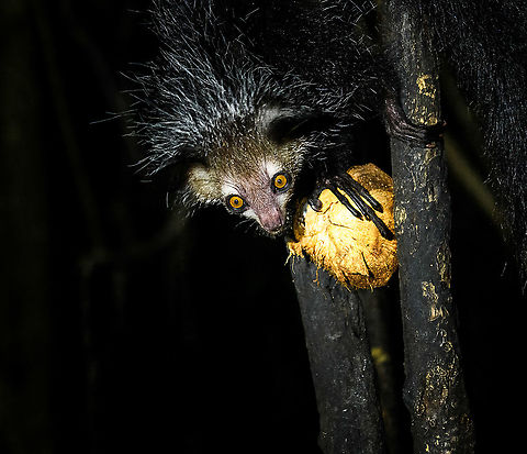 Aye-aye - 9, Palmarium, Madagascar Here it is, the Aye-Aye, the primate woodpecker, rodent, bat or "heh heh", Malagasy for "I don't know". 

"I don't know" is exactly the first thing that popped into my brain upon seeing it. My brain struggled to understand what it was seeing, despite having read about Aye-ayes at a basic level. It just doesn't register or fit into any boxes.

My second thought was that if I would not know any better, I'd go along with the local superstition that this is a demonic animal. 

Science didn't really know either in earlier times. This creature first was considered a rodent, based on its teeth that perpetually grow and thus must constantly be worn down. It took a long time for it to be considered a primate, and specifically a lemur.

A very weird primate. Its ears are huge and have inner ridges similar to bats, optimized for echolocation, making this the only primate to use this.

Echolocation comes into play when its taps its lengthy 3rd finger rapidly on tree tunks to locate insects/larvae inside. Next, it uses its strong teeth to gnawl a hole into the trunk. Finally, it uses its extremely lengthy 4th finger to rapidly pull out the contents, like a machine gun, using a special hooked nail.

I had always imagined the Aye-aye to be kind of like a Koala: small, slow, and vulnerable. I was wrong at every level. It's pretty large, combined with the tail above 1m in length. It's very fast and escapes a scene in about 2 seconds. It's teeth and fingers are not careful or fragile tools, they're like power tools. 

The backstory: from Palmarium, on dry nights, you can take a boat to an uninhabited island. On the island live 6-8 Aye-ayes. They are typically in the canopy of a mangrove forest. Coconuts are strategically placed at a lower level to lure them down. Flash lights and camera flash are disallowed, yet when the lure action is succesful, a relatively weak area light shines on the feeding Aye-aye, which does not seem to disturb them.

Photographing them is challenging due to the lack of flash and the light source being quite weak, but it can be done with some special measures.

To Henriette and me, the Aye-aye was this year's trophy and a proper closure on 3 years of Madagascar, so I'm going to be generous in sharing many shots of this fantastic animal. We're not done with the set though, not quite yet.

https://www.jungledragon.com/image/87321/aye-aye_-_1_palmarium_madagascar.html
https://www.jungledragon.com/image/87322/aye-aye_-_2_palmarium_madagascar.html
https://www.jungledragon.com/image/87323/aye-aye_-_3_palmarium_madagascar.html
https://www.jungledragon.com/image/87324/aye-aye_-_4_palmarium_madagascar.html
https://www.jungledragon.com/image/87325/aye-aye_-_5_palmarium_madagascar.html
https://www.jungledragon.com/image/87326/aye-aye_-_6_palmarium_madagascar.html
https://www.jungledragon.com/image/87327/aye-aye_-_7_palmarium_madagascar.html
https://www.jungledragon.com/image/87328/aye-aye_-_8_palmarium_madagascar.html
https://www.jungledragon.com/image/87330/aye-aye_-_10_palmarium_madagascar.html
https://www.jungledragon.com/image/87331/aye-aye_-_11_palmarium_madagascar.html
https://www.jungledragon.com/image/87332/aye-aye_-_12_palmarium_madagascar.html
https://www.jungledragon.com/image/87333/aye-aye_-_13_palmarium_madagascar.html
https://www.jungledragon.com/image/87334/aye-aye_-_14_palmarium_madagascar.html
https://www.jungledragon.com/image/87335/aye-aye_-_15_palmarium_madagascar.html
https://www.jungledragon.com/image/87336/aye-aye_-_16_palmarium_madagascar.html
https://www.jungledragon.com/image/87337/aye-aye_-_17_palmarium_madagascar.html
https://www.jungledragon.com/image/87338/aye-aye_-_18_palmarium_madagascar.html
https://www.jungledragon.com/image/87339/aye-aye_-_19_palmarium_madagascar.html
https://www.jungledragon.com/image/87340/aye-aye_-_20_palmarium_madagascar.html

https://www.youtube.com/watch?v=295rx5Dqsf4 Africa,Aye-aye,Daubentonia madagascariensis,Geotagged,Madagascar,Madagascar 2019,Palmarium reserve,Winter,World