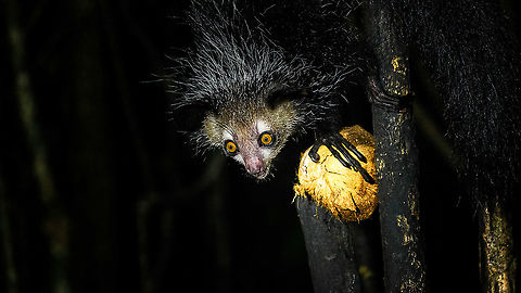 Aye-aye - 10, Palmarium, Madagascar Here it is, the Aye-Aye, the primate woodpecker, rodent, bat or "heh heh", Malagasy for "I don't know". 

"I don't know" is exactly the first thing that popped into my brain upon seeing it. My brain struggled to understand what it was seeing, despite having read about Aye-ayes at a basic level. It just doesn't register or fit into any boxes.

My second thought was that if I would not know any better, I'd go along with the local superstition that this is a demonic animal. 

Science didn't really know either in earlier times. This creature first was considered a rodent, based on its teeth that perpetually grow and thus must constantly be worn down. It took a long time for it to be considered a primate, and specifically a lemur.

A very weird primate. Its ears are huge and have inner ridges similar to bats, optimized for echolocation, making this the only primate to use this.

Echolocation comes into play when its taps its lengthy 3rd finger rapidly on tree tunks to locate insects/larvae inside. Next, it uses its strong teeth to gnawl a hole into the trunk. Finally, it uses its extremely lengthy 4th finger to rapidly pull out the contents, like a machine gun, using a special hooked nail.

I had always imagined the Aye-aye to be kind of like a Koala: small, slow, and vulnerable. I was wrong at every level. It's pretty large, combined with the tail above 1m in length. It's very fast and escapes a scene in about 2 seconds. It's teeth and fingers are not careful or fragile tools, they're like power tools. 

The backstory: from Palmarium, on dry nights, you can take a boat to an uninhabited island. On the island live 6-8 Aye-ayes. They are typically in the canopy of a mangrove forest. Coconuts are strategically placed at a lower level to lure them down. Flash lights and camera flash are disallowed, yet when the lure action is succesful, a relatively weak area light shines on the feeding Aye-aye, which does not seem to disturb them.

Photographing them is challenging due to the lack of flash and the light source being quite weak, but it can be done with some special measures.

To Henriette and me, the Aye-aye was this year's trophy and a proper closure on 3 years of Madagascar, so I'm going to be generous in sharing many shots of this fantastic animal. We're not done with the set though, not quite yet.

https://www.jungledragon.com/image/87321/aye-aye_-_1_palmarium_madagascar.html
https://www.jungledragon.com/image/87322/aye-aye_-_2_palmarium_madagascar.html
https://www.jungledragon.com/image/87323/aye-aye_-_3_palmarium_madagascar.html
https://www.jungledragon.com/image/87324/aye-aye_-_4_palmarium_madagascar.html
https://www.jungledragon.com/image/87325/aye-aye_-_5_palmarium_madagascar.html
https://www.jungledragon.com/image/87326/aye-aye_-_6_palmarium_madagascar.html
https://www.jungledragon.com/image/87327/aye-aye_-_7_palmarium_madagascar.html
https://www.jungledragon.com/image/87328/aye-aye_-_8_palmarium_madagascar.html
https://www.jungledragon.com/image/87329/aye-aye_-_9_palmarium_madagascar.html
https://www.jungledragon.com/image/87331/aye-aye_-_11_palmarium_madagascar.html
https://www.jungledragon.com/image/87332/aye-aye_-_12_palmarium_madagascar.html
https://www.jungledragon.com/image/87333/aye-aye_-_13_palmarium_madagascar.html
https://www.jungledragon.com/image/87334/aye-aye_-_14_palmarium_madagascar.html
https://www.jungledragon.com/image/87335/aye-aye_-_15_palmarium_madagascar.html
https://www.jungledragon.com/image/87336/aye-aye_-_16_palmarium_madagascar.html
https://www.jungledragon.com/image/87337/aye-aye_-_17_palmarium_madagascar.html
https://www.jungledragon.com/image/87338/aye-aye_-_18_palmarium_madagascar.html
https://www.jungledragon.com/image/87339/aye-aye_-_19_palmarium_madagascar.html
https://www.jungledragon.com/image/87340/aye-aye_-_20_palmarium_madagascar.html

https://www.youtube.com/watch?v=295rx5Dqsf4 Africa,Aye-aye,Daubentonia madagascariensis,Geotagged,Madagascar,Madagascar 2019,Palmarium reserve,Winter,World