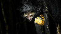 Aye-aye - 10, Palmarium, Madagascar Here it is, the Aye-Aye, the primate woodpecker, rodent, bat or "heh heh", Malagasy for "I don't know". <br />
<br />
"I don't know" is exactly the first thing that popped into my brain upon seeing it. My brain struggled to understand what it was seeing, despite having read about Aye-ayes at a basic level. It just doesn't register or fit into any boxes.<br />
<br />
My second thought was that if I would not know any better, I'd go along with the local superstition that this is a demonic animal. <br />
<br />
Science didn't really know either in earlier times. This creature first was considered a rodent, based on its teeth that perpetually grow and thus must constantly be worn down. It took a long time for it to be considered a primate, and specifically a lemur.<br />
<br />
A very weird primate. Its ears are huge and have inner ridges similar to bats, optimized for echolocation, making this the only primate to use this.<br />
<br />
Echolocation comes into play when its taps its lengthy 3rd finger rapidly on tree tunks to locate insects/larvae inside. Next, it uses its strong teeth to gnawl a hole into the trunk. Finally, it uses its extremely lengthy 4th finger to rapidly pull out the contents, like a machine gun, using a special hooked nail.<br />
<br />
I had always imagined the Aye-aye to be kind of like a Koala: small, slow, and vulnerable. I was wrong at every level. It's pretty large, combined with the tail above 1m in length. It's very fast and escapes a scene in about 2 seconds. It's teeth and fingers are not careful or fragile tools, they're like power tools. <br />
<br />
The backstory: from Palmarium, on dry nights, you can take a boat to an uninhabited island. On the island live 6-8 Aye-ayes. They are typically in the canopy of a mangrove forest. Coconuts are strategically placed at a lower level to lure them down. Flash lights and camera flash are disallowed, yet when the lure action is succesful, a relatively weak area light shines on the feeding Aye-aye, which does not seem to disturb them.<br />
<br />
Photographing them is challenging due to the lack of flash and the light source being quite weak, but it can be done with some special measures.<br />
<br />
To Henriette and me, the Aye-aye was this year's trophy and a proper closure on 3 years of Madagascar, so I'm going to be generous in sharing many shots of this fantastic animal. We're not done with the set though, not quite yet.<br />
<br />
https://www.jungledragon.com/image/87321/aye-aye_-_1_palmarium_madagascar.html<br />
https://www.jungledragon.com/image/87322/aye-aye_-_2_palmarium_madagascar.html<br />
https://www.jungledragon.com/image/87323/aye-aye_-_3_palmarium_madagascar.html<br />
https://www.jungledragon.com/image/87324/aye-aye_-_4_palmarium_madagascar.html<br />
https://www.jungledragon.com/image/87325/aye-aye_-_5_palmarium_madagascar.html<br />
https://www.jungledragon.com/image/87326/aye-aye_-_6_palmarium_madagascar.html<br />
https://www.jungledragon.com/image/87327/aye-aye_-_7_palmarium_madagascar.html<br />
https://www.jungledragon.com/image/87328/aye-aye_-_8_palmarium_madagascar.html<br />
https://www.jungledragon.com/image/87329/aye-aye_-_9_palmarium_madagascar.html<br />
https://www.jungledragon.com/image/87331/aye-aye_-_11_palmarium_madagascar.html<br />
https://www.jungledragon.com/image/87332/aye-aye_-_12_palmarium_madagascar.html<br />
https://www.jungledragon.com/image/87333/aye-aye_-_13_palmarium_madagascar.html<br />
https://www.jungledragon.com/image/87334/aye-aye_-_14_palmarium_madagascar.html<br />
https://www.jungledragon.com/image/87335/aye-aye_-_15_palmarium_madagascar.html<br />
https://www.jungledragon.com/image/87336/aye-aye_-_16_palmarium_madagascar.html<br />
https://www.jungledragon.com/image/87337/aye-aye_-_17_palmarium_madagascar.html<br />
https://www.jungledragon.com/image/87338/aye-aye_-_18_palmarium_madagascar.html<br />
https://www.jungledragon.com/image/87339/aye-aye_-_19_palmarium_madagascar.html<br />
https://www.jungledragon.com/image/87340/aye-aye_-_20_palmarium_madagascar.html<br />
<br />
https://www.youtube.com/watch?v=295rx5Dqsf4 Africa,Aye-aye,Daubentonia madagascariensis,Geotagged,Madagascar,Madagascar 2019,Palmarium reserve,Winter,World