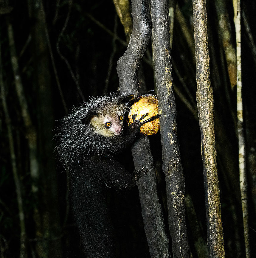 Aye-aye - 11, Palmarium, Madagascar Here it is, the Aye-Aye, the primate woodpecker, rodent, bat or &quot;heh heh&quot;, Malagasy for &quot;I don&#039;t know&quot;. <br />
<br />
&quot;I don&#039;t know&quot; is exactly the first thing that popped into my brain upon seeing it. My brain struggled to understand what it was seeing, despite having read about Aye-ayes at a basic level. It just doesn&#039;t register or fit into any boxes.<br />
<br />
My second thought was that if I would not know any better, I&#039;d go along with the local superstition that this is a demonic animal. <br />
<br />
Science didn&#039;t really know either in earlier times. This creature first was considered a rodent, based on its teeth that perpetually grow and thus must constantly be worn down. It took a long time for it to be considered a primate, and specifically a lemur.<br />
<br />
A very weird primate. Its ears are huge and have inner ridges similar to bats, optimized for echolocation, making this the only primate to use this.<br />
<br />
Echolocation comes into play when its taps its lengthy 3rd finger rapidly on tree tunks to locate insects/larvae inside. Next, it uses its strong teeth to gnawl a hole into the trunk. Finally, it uses its extremely lengthy 4th finger to rapidly pull out the contents, like a machine gun, using a special hooked nail.<br />
<br />
I had always imagined the Aye-aye to be kind of like a Koala: small, slow, and vulnerable. I was wrong at every level. It&#039;s pretty large, combined with the tail above 1m in length. It&#039;s very fast and escapes a scene in about 2 seconds. It&#039;s teeth and fingers are not careful or fragile tools, they&#039;re like power tools. <br />
<br />
The backstory: from Palmarium, on dry nights, you can take a boat to an uninhabited island. On the island live 6-8 Aye-ayes. They are typically in the canopy of a mangrove forest. Coconuts are strategically placed at a lower level to lure them down. Flash lights and camera flash are disallowed, yet when the lure action is succesful, a relatively weak area light shines on the feeding Aye-aye, which does not seem to disturb them.<br />
<br />
Photographing them is challenging due to the lack of flash and the light source being quite weak, but it can be done with some special measures.<br />
<br />
To Henriette and me, the Aye-aye was this year&#039;s trophy and a proper closure on 3 years of Madagascar, so I&#039;m going to be generous in sharing many shots of this fantastic animal. We&#039;re not done with the set though, not quite yet.<br />
<br />
<figure class="photo"><a href="https://www.jungledragon.com/image/87321/aye-aye_-_1_palmarium_madagascar.html" title="Aye-aye - 1, Palmarium, Madagascar"><img src="https://s3.amazonaws.com/media.jungledragon.com/images/2/87321_thumb.jpg?AWSAccessKeyId=05GMT0V3GWVNE7GGM1R2&Expires=1759968010&Signature=nhOQniCYsV6KeNBjW2uflKAxDUU%3D" width="200" height="130" alt="Aye-aye - 1, Palmarium, Madagascar Here it is, the Aye-Aye, the primate woodpecker, rodent, bat or &quot;heh heh&quot;, Malagasy for &quot;I don&#039;t know&quot;. <br />
<br />
&quot;I don&#039;t know&quot; is exactly the first thing that popped into my brain upon seeing it. My brain struggled to understand what it was seeing, despite having read about Aye-ayes at a basic level. It just doesn&#039;t register or fit into any boxes.<br />
<br />
My second thought was that if I would not know any better, I&#039;d go along with the local superstition that this is a demonic animal. <br />
<br />
Science didn&#039;t really know either in earlier times. This creature first was considered a rodent, based on its teeth that perpetually grow and thus must constantly be worn down. It took a long time for it to be considered a primate, and specifically a lemur.<br />
<br />
A very weird primate. Its ears are huge and have inner ridges similar to bats, optimized for echolocation, making this the only primate to use this.<br />
<br />
Echolocation comes into play when its taps its lengthy 3rd finger rapidly on tree tunks to locate insects/larvae inside. Next, it uses its strong teeth to gnawl a hole into the trunk. Finally, it uses its extremely lengthy 4th finger to rapidly pull out the contents, like a machine gun, using a special hooked nail.<br />
<br />
I had always imagined the Aye-aye to be kind of like a Koala: small, slow, and vulnerable. I was wrong at every level. It&#039;s pretty large, combined with the tail above 1m in length. It&#039;s very fast and escapes a scene in about 2 seconds. It&#039;s teeth and fingers are not careful or fragile tools, they&#039;re like power tools. <br />
<br />
The backstory: from Palmarium, on dry nights, you can take a boat to an uninhabited island. On the island live 6-8 Aye-ayes. They are typically in the canopy of a mangrove forest. Coconuts are strategically placed at a lower level to lure them down. Flash lights and camera flash are disallowed, yet when the lure action is succesful, a relatively weak area light shines on the feeding Aye-aye, which does not seem to disturb them.<br />
<br />
Photographing them is challenging due to the lack of flash and the light source being quite weak, but it can be done with some special measures.<br />
<br />
To Henriette and me, the Aye-aye was this year&#039;s trophy and a proper closure on 3 years of Madagascar, so I&#039;m going to be generous in sharing many shots of this fantastic animal. We&#039;re not done with the set though, not quite yet.<br />
<br />
https://www.jungledragon.com/image/87322/aye-aye_-_2_palmarium_madagascar.html<br />
https://www.jungledragon.com/image/87323/aye-aye_-_3_palmarium_madagascar.html<br />
https://www.jungledragon.com/image/87324/aye-aye_-_4_palmarium_madagascar.html<br />
https://www.jungledragon.com/image/87325/aye-aye_-_5_palmarium_madagascar.html<br />
https://www.jungledragon.com/image/87326/aye-aye_-_6_palmarium_madagascar.html<br />
https://www.jungledragon.com/image/87327/aye-aye_-_7_palmarium_madagascar.html<br />
https://www.jungledragon.com/image/87328/aye-aye_-_8_palmarium_madagascar.html<br />
https://www.jungledragon.com/image/87329/aye-aye_-_9_palmarium_madagascar.html<br />
https://www.jungledragon.com/image/87330/aye-aye_-_10_palmarium_madagascar.html<br />
https://www.jungledragon.com/image/87331/aye-aye_-_11_palmarium_madagascar.html<br />
https://www.jungledragon.com/image/87332/aye-aye_-_12_palmarium_madagascar.html<br />
https://www.jungledragon.com/image/87333/aye-aye_-_13_palmarium_madagascar.html<br />
https://www.jungledragon.com/image/87334/aye-aye_-_14_palmarium_madagascar.html<br />
https://www.jungledragon.com/image/87335/aye-aye_-_15_palmarium_madagascar.html<br />
https://www.jungledragon.com/image/87336/aye-aye_-_16_palmarium_madagascar.html<br />
https://www.jungledragon.com/image/87337/aye-aye_-_17_palmarium_madagascar.html<br />
https://www.jungledragon.com/image/87338/aye-aye_-_18_palmarium_madagascar.html<br />
https://www.jungledragon.com/image/87339/aye-aye_-_19_palmarium_madagascar.html<br />
https://www.jungledragon.com/image/87340/aye-aye_-_20_palmarium_madagascar.html<br />
<br />
https://www.youtube.com/watch?v=295rx5Dqsf4 Africa,Aye-aye,Daubentonia madagascariensis,Geotagged,Madagascar,Madagascar 2019,Palmarium reserve,Winter,World" /></a></figure><br />
<figure class="photo"><a href="https://www.jungledragon.com/image/87322/aye-aye_-_2_palmarium_madagascar.html" title="Aye-aye - 2, Palmarium, Madagascar"><img src="https://s3.amazonaws.com/media.jungledragon.com/images/2/87322_thumb.jpg?AWSAccessKeyId=05GMT0V3GWVNE7GGM1R2&Expires=1759968010&Signature=tdchN0giTzURzM3sOqke0I%2Fwusk%3D" width="144" height="152" alt="Aye-aye - 2, Palmarium, Madagascar Here it is, the Aye-Aye, the primate woodpecker, rodent, bat or &quot;heh heh&quot;, Malagasy for &quot;I don&#039;t know&quot;. <br />
<br />
&quot;I don&#039;t know&quot; is exactly the first thing that popped into my brain upon seeing it. My brain struggled to understand what it was seeing, despite having read about Aye-ayes at a basic level. It just doesn&#039;t register or fit into any boxes.<br />
<br />
My second thought was that if I would not know any better, I&#039;d go along with the local superstition that this is a demonic animal. <br />
<br />
Science didn&#039;t really know either in earlier times. This creature first was considered a rodent, based on its teeth that perpetually grow and thus must constantly be worn down. It took a long time for it to be considered a primate, and specifically a lemur.<br />
<br />
A very weird primate. Its ears are huge and have inner ridges similar to bats, optimized for echolocation, making this the only primate to use this.<br />
<br />
Echolocation comes into play when its taps its lengthy 3rd finger rapidly on tree tunks to locate insects/larvae inside. Next, it uses its strong teeth to gnawl a hole into the trunk. Finally, it uses its extremely lengthy 4th finger to rapidly pull out the contents, like a machine gun, using a special hooked nail.<br />
<br />
I had always imagined the Aye-aye to be kind of like a Koala: small, slow, and vulnerable. I was wrong at every level. It&#039;s pretty large, combined with the tail above 1m in length. It&#039;s very fast and escapes a scene in about 2 seconds. It&#039;s teeth and fingers are not careful or fragile tools, they&#039;re like power tools. <br />
<br />
The backstory: from Palmarium, on dry nights, you can take a boat to an uninhabited island. On the island live 6-8 Aye-ayes. They are typically in the canopy of a mangrove forest. Coconuts are strategically placed at a lower level to lure them down. Flash lights and camera flash are disallowed, yet when the lure action is succesful, a relatively weak area light shines on the feeding Aye-aye, which does not seem to disturb them.<br />
<br />
Photographing them is challenging due to the lack of flash and the light source being quite weak, but it can be done with some special measures.<br />
<br />
To Henriette and me, the Aye-aye was this year&#039;s trophy and a proper closure on 3 years of Madagascar, so I&#039;m going to be generous in sharing many shots of this fantastic animal. We&#039;re not done with the set though, not quite yet.<br />
<br />
https://www.jungledragon.com/image/87321/aye-aye_-_1_palmarium_madagascar.html<br />
https://www.jungledragon.com/image/87323/aye-aye_-_3_palmarium_madagascar.html<br />
https://www.jungledragon.com/image/87324/aye-aye_-_4_palmarium_madagascar.html<br />
https://www.jungledragon.com/image/87325/aye-aye_-_5_palmarium_madagascar.html<br />
https://www.jungledragon.com/image/87326/aye-aye_-_6_palmarium_madagascar.html<br />
https://www.jungledragon.com/image/87327/aye-aye_-_7_palmarium_madagascar.html<br />
https://www.jungledragon.com/image/87328/aye-aye_-_8_palmarium_madagascar.html<br />
https://www.jungledragon.com/image/87329/aye-aye_-_9_palmarium_madagascar.html<br />
https://www.jungledragon.com/image/87330/aye-aye_-_10_palmarium_madagascar.html<br />
https://www.jungledragon.com/image/87331/aye-aye_-_11_palmarium_madagascar.html<br />
https://www.jungledragon.com/image/87332/aye-aye_-_12_palmarium_madagascar.html<br />
https://www.jungledragon.com/image/87333/aye-aye_-_13_palmarium_madagascar.html<br />
https://www.jungledragon.com/image/87334/aye-aye_-_14_palmarium_madagascar.html<br />
https://www.jungledragon.com/image/87335/aye-aye_-_15_palmarium_madagascar.html<br />
https://www.jungledragon.com/image/87336/aye-aye_-_16_palmarium_madagascar.html<br />
https://www.jungledragon.com/image/87337/aye-aye_-_17_palmarium_madagascar.html<br />
https://www.jungledragon.com/image/87338/aye-aye_-_18_palmarium_madagascar.html<br />
https://www.jungledragon.com/image/87339/aye-aye_-_19_palmarium_madagascar.html<br />
https://www.jungledragon.com/image/87340/aye-aye_-_20_palmarium_madagascar.html<br />
<br />
https://www.youtube.com/watch?v=295rx5Dqsf4 Africa,Aye-aye,Daubentonia madagascariensis,Geotagged,Madagascar,Madagascar 2019,Palmarium reserve,Winter,World" /></a></figure><br />
<figure class="photo"><a href="https://www.jungledragon.com/image/87323/aye-aye_-_3_palmarium_madagascar.html" title="Aye-aye - 3, Palmarium, Madagascar"><img src="https://s3.amazonaws.com/media.jungledragon.com/images/2/87323_thumb.jpg?AWSAccessKeyId=05GMT0V3GWVNE7GGM1R2&Expires=1759968010&Signature=hV41abwIH%2FSx708i7wiWmnd%2F13U%3D" width="124" height="152" alt="Aye-aye - 3, Palmarium, Madagascar Here it is, the Aye-Aye, the primate woodpecker, rodent, bat or &quot;heh heh&quot;, Malagasy for &quot;I don&#039;t know&quot;. <br />
<br />
&quot;I don&#039;t know&quot; is exactly the first thing that popped into my brain upon seeing it. My brain struggled to understand what it was seeing, despite having read about Aye-ayes at a basic level. It just doesn&#039;t register or fit into any boxes.<br />
<br />
My second thought was that if I would not know any better, I&#039;d go along with the local superstition that this is a demonic animal. <br />
<br />
Science didn&#039;t really know either in earlier times. This creature first was considered a rodent, based on its teeth that perpetually grow and thus must constantly be worn down. It took a long time for it to be considered a primate, and specifically a lemur.<br />
<br />
A very weird primate. Its ears are huge and have inner ridges similar to bats, optimized for echolocation, making this the only primate to use this.<br />
<br />
Echolocation comes into play when its taps its lengthy 3rd finger rapidly on tree tunks to locate insects/larvae inside. Next, it uses its strong teeth to gnawl a hole into the trunk. Finally, it uses its extremely lengthy 4th finger to rapidly pull out the contents, like a machine gun, using a special hooked nail.<br />
<br />
I had always imagined the Aye-aye to be kind of like a Koala: small, slow, and vulnerable. I was wrong at every level. It&#039;s pretty large, combined with the tail above 1m in length. It&#039;s very fast and escapes a scene in about 2 seconds. It&#039;s teeth and fingers are not careful or fragile tools, they&#039;re like power tools. <br />
<br />
The backstory: from Palmarium, on dry nights, you can take a boat to an uninhabited island. On the island live 6-8 Aye-ayes. They are typically in the canopy of a mangrove forest. Coconuts are strategically placed at a lower level to lure them down. Flash lights and camera flash are disallowed, yet when the lure action is succesful, a relatively weak area light shines on the feeding Aye-aye, which does not seem to disturb them.<br />
<br />
Photographing them is challenging due to the lack of flash and the light source being quite weak, but it can be done with some special measures.<br />
<br />
To Henriette and me, the Aye-aye was this year&#039;s trophy and a proper closure on 3 years of Madagascar, so I&#039;m going to be generous in sharing many shots of this fantastic animal. We&#039;re not done with the set though, not quite yet.<br />
<br />
https://www.jungledragon.com/image/87321/aye-aye_-_1_palmarium_madagascar.html<br />
https://www.jungledragon.com/image/87322/aye-aye_-_2_palmarium_madagascar.html<br />
https://www.jungledragon.com/image/87324/aye-aye_-_4_palmarium_madagascar.html<br />
https://www.jungledragon.com/image/87325/aye-aye_-_5_palmarium_madagascar.html<br />
https://www.jungledragon.com/image/87326/aye-aye_-_6_palmarium_madagascar.html<br />
https://www.jungledragon.com/image/87327/aye-aye_-_7_palmarium_madagascar.html<br />
https://www.jungledragon.com/image/87328/aye-aye_-_8_palmarium_madagascar.html<br />
https://www.jungledragon.com/image/87329/aye-aye_-_9_palmarium_madagascar.html<br />
https://www.jungledragon.com/image/87330/aye-aye_-_10_palmarium_madagascar.html<br />
https://www.jungledragon.com/image/87331/aye-aye_-_11_palmarium_madagascar.html<br />
https://www.jungledragon.com/image/87332/aye-aye_-_12_palmarium_madagascar.html<br />
https://www.jungledragon.com/image/87333/aye-aye_-_13_palmarium_madagascar.html<br />
https://www.jungledragon.com/image/87334/aye-aye_-_14_palmarium_madagascar.html<br />
https://www.jungledragon.com/image/87335/aye-aye_-_15_palmarium_madagascar.html<br />
https://www.jungledragon.com/image/87336/aye-aye_-_16_palmarium_madagascar.html<br />
https://www.jungledragon.com/image/87337/aye-aye_-_17_palmarium_madagascar.html<br />
https://www.jungledragon.com/image/87338/aye-aye_-_18_palmarium_madagascar.html<br />
https://www.jungledragon.com/image/87339/aye-aye_-_19_palmarium_madagascar.html<br />
https://www.jungledragon.com/image/87340/aye-aye_-_20_palmarium_madagascar.html<br />
<br />
https://www.youtube.com/watch?v=295rx5Dqsf4 Africa,Aye-aye,Daubentonia madagascariensis,Madagascar,Madagascar 2019,Palmarium reserve,World" /></a></figure><br />
<figure class="photo"><a href="https://www.jungledragon.com/image/87324/aye-aye_-_4_palmarium_madagascar.html" title="Aye-aye - 4, Palmarium, Madagascar"><img src="https://s3.amazonaws.com/media.jungledragon.com/images/2/87324_thumb.jpg?AWSAccessKeyId=05GMT0V3GWVNE7GGM1R2&Expires=1759968010&Signature=v746jjk3Pnzaa8Nd6WXdcoYI5nk%3D" width="200" height="166" alt="Aye-aye - 4, Palmarium, Madagascar Here it is, the Aye-Aye, the primate woodpecker, rodent, bat or &quot;heh heh&quot;, Malagasy for &quot;I don&#039;t know&quot;. <br />
<br />
&quot;I don&#039;t know&quot; is exactly the first thing that popped into my brain upon seeing it. My brain struggled to understand what it was seeing, despite having read about Aye-ayes at a basic level. It just doesn&#039;t register or fit into any boxes.<br />
<br />
My second thought was that if I would not know any better, I&#039;d go along with the local superstition that this is a demonic animal. <br />
<br />
Science didn&#039;t really know either in earlier times. This creature first was considered a rodent, based on its teeth that perpetually grow and thus must constantly be worn down. It took a long time for it to be considered a primate, and specifically a lemur.<br />
<br />
A very weird primate. Its ears are huge and have inner ridges similar to bats, optimized for echolocation, making this the only primate to use this.<br />
<br />
Echolocation comes into play when its taps its lengthy 3rd finger rapidly on tree tunks to locate insects/larvae inside. Next, it uses its strong teeth to gnawl a hole into the trunk. Finally, it uses its extremely lengthy 4th finger to rapidly pull out the contents, like a machine gun, using a special hooked nail.<br />
<br />
I had always imagined the Aye-aye to be kind of like a Koala: small, slow, and vulnerable. I was wrong at every level. It&#039;s pretty large, combined with the tail above 1m in length. It&#039;s very fast and escapes a scene in about 2 seconds. It&#039;s teeth and fingers are not careful or fragile tools, they&#039;re like power tools. <br />
<br />
The backstory: from Palmarium, on dry nights, you can take a boat to an uninhabited island. On the island live 6-8 Aye-ayes. They are typically in the canopy of a mangrove forest. Coconuts are strategically placed at a lower level to lure them down. Flash lights and camera flash are disallowed, yet when the lure action is succesful, a relatively weak area light shines on the feeding Aye-aye, which does not seem to disturb them.<br />
<br />
Photographing them is challenging due to the lack of flash and the light source being quite weak, but it can be done with some special measures.<br />
<br />
To Henriette and me, the Aye-aye was this year&#039;s trophy and a proper closure on 3 years of Madagascar, so I&#039;m going to be generous in sharing many shots of this fantastic animal. We&#039;re not done with the set though, not quite yet.<br />
<br />
https://www.jungledragon.com/image/87321/aye-aye_-_1_palmarium_madagascar.html<br />
https://www.jungledragon.com/image/87322/aye-aye_-_2_palmarium_madagascar.html<br />
https://www.jungledragon.com/image/87323/aye-aye_-_3_palmarium_madagascar.html<br />
https://www.jungledragon.com/image/87325/aye-aye_-_5_palmarium_madagascar.html<br />
https://www.jungledragon.com/image/87326/aye-aye_-_6_palmarium_madagascar.html<br />
https://www.jungledragon.com/image/87327/aye-aye_-_7_palmarium_madagascar.html<br />
https://www.jungledragon.com/image/87328/aye-aye_-_8_palmarium_madagascar.html<br />
https://www.jungledragon.com/image/87329/aye-aye_-_9_palmarium_madagascar.html<br />
https://www.jungledragon.com/image/87330/aye-aye_-_10_palmarium_madagascar.html<br />
https://www.jungledragon.com/image/87331/aye-aye_-_11_palmarium_madagascar.html<br />
https://www.jungledragon.com/image/87332/aye-aye_-_12_palmarium_madagascar.html<br />
https://www.jungledragon.com/image/87333/aye-aye_-_13_palmarium_madagascar.html<br />
https://www.jungledragon.com/image/87334/aye-aye_-_14_palmarium_madagascar.html<br />
https://www.jungledragon.com/image/87335/aye-aye_-_15_palmarium_madagascar.html<br />
https://www.jungledragon.com/image/87336/aye-aye_-_16_palmarium_madagascar.html<br />
https://www.jungledragon.com/image/87337/aye-aye_-_17_palmarium_madagascar.html<br />
https://www.jungledragon.com/image/87338/aye-aye_-_18_palmarium_madagascar.html<br />
https://www.jungledragon.com/image/87339/aye-aye_-_19_palmarium_madagascar.html<br />
https://www.jungledragon.com/image/87340/aye-aye_-_20_palmarium_madagascar.html<br />
<br />
https://www.youtube.com/watch?v=295rx5Dqsf4 Africa,Aye-aye,Daubentonia madagascariensis,Geotagged,Madagascar,Madagascar 2019,Palmarium reserve,Winter,World" /></a></figure><br />
<figure class="photo"><a href="https://www.jungledragon.com/image/87325/aye-aye_-_5_palmarium_madagascar.html" title="Aye-aye - 5, Palmarium, Madagascar"><img src="https://s3.amazonaws.com/media.jungledragon.com/images/2/87325_thumb.jpg?AWSAccessKeyId=05GMT0V3GWVNE7GGM1R2&Expires=1759968010&Signature=xSOlrhdFfGsfFsGI%2BAZEUPRcY4U%3D" width="200" height="134" alt="Aye-aye - 5, Palmarium, Madagascar Here it is, the Aye-Aye, the primate woodpecker, rodent, bat or &quot;heh heh&quot;, Malagasy for &quot;I don&#039;t know&quot;. <br />
<br />
&quot;I don&#039;t know&quot; is exactly the first thing that popped into my brain upon seeing it. My brain struggled to understand what it was seeing, despite having read about Aye-ayes at a basic level. It just doesn&#039;t register or fit into any boxes.<br />
<br />
My second thought was that if I would not know any better, I&#039;d go along with the local superstition that this is a demonic animal. <br />
<br />
Science didn&#039;t really know either in earlier times. This creature first was considered a rodent, based on its teeth that perpetually grow and thus must constantly be worn down. It took a long time for it to be considered a primate, and specifically a lemur.<br />
<br />
A very weird primate. Its ears are huge and have inner ridges similar to bats, optimized for echolocation, making this the only primate to use this.<br />
<br />
Echolocation comes into play when its taps its lengthy 3rd finger rapidly on tree tunks to locate insects/larvae inside. Next, it uses its strong teeth to gnawl a hole into the trunk. Finally, it uses its extremely lengthy 4th finger to rapidly pull out the contents, like a machine gun, using a special hooked nail.<br />
<br />
I had always imagined the Aye-aye to be kind of like a Koala: small, slow, and vulnerable. I was wrong at every level. It&#039;s pretty large, combined with the tail above 1m in length. It&#039;s very fast and escapes a scene in about 2 seconds. It&#039;s teeth and fingers are not careful or fragile tools, they&#039;re like power tools. <br />
<br />
The backstory: from Palmarium, on dry nights, you can take a boat to an uninhabited island. On the island live 6-8 Aye-ayes. They are typically in the canopy of a mangrove forest. Coconuts are strategically placed at a lower level to lure them down. Flash lights and camera flash are disallowed, yet when the lure action is succesful, a relatively weak area light shines on the feeding Aye-aye, which does not seem to disturb them.<br />
<br />
Photographing them is challenging due to the lack of flash and the light source being quite weak, but it can be done with some special measures.<br />
<br />
To Henriette and me, the Aye-aye was this year&#039;s trophy and a proper closure on 3 years of Madagascar, so I&#039;m going to be generous in sharing many shots of this fantastic animal. We&#039;re not done with the set though, not quite yet.<br />
<br />
https://www.jungledragon.com/image/87321/aye-aye_-_1_palmarium_madagascar.html<br />
https://www.jungledragon.com/image/87322/aye-aye_-_2_palmarium_madagascar.html<br />
https://www.jungledragon.com/image/87323/aye-aye_-_3_palmarium_madagascar.html<br />
https://www.jungledragon.com/image/87324/aye-aye_-_4_palmarium_madagascar.html<br />
https://www.jungledragon.com/image/87326/aye-aye_-_6_palmarium_madagascar.html<br />
https://www.jungledragon.com/image/87327/aye-aye_-_7_palmarium_madagascar.html<br />
https://www.jungledragon.com/image/87328/aye-aye_-_8_palmarium_madagascar.html<br />
https://www.jungledragon.com/image/87329/aye-aye_-_9_palmarium_madagascar.html<br />
https://www.jungledragon.com/image/87330/aye-aye_-_10_palmarium_madagascar.html<br />
https://www.jungledragon.com/image/87331/aye-aye_-_11_palmarium_madagascar.html<br />
https://www.jungledragon.com/image/87332/aye-aye_-_12_palmarium_madagascar.html<br />
https://www.jungledragon.com/image/87333/aye-aye_-_13_palmarium_madagascar.html<br />
https://www.jungledragon.com/image/87334/aye-aye_-_14_palmarium_madagascar.html<br />
https://www.jungledragon.com/image/87335/aye-aye_-_15_palmarium_madagascar.html<br />
https://www.jungledragon.com/image/87336/aye-aye_-_16_palmarium_madagascar.html<br />
https://www.jungledragon.com/image/87337/aye-aye_-_17_palmarium_madagascar.html<br />
https://www.jungledragon.com/image/87338/aye-aye_-_18_palmarium_madagascar.html<br />
https://www.jungledragon.com/image/87339/aye-aye_-_19_palmarium_madagascar.html<br />
https://www.jungledragon.com/image/87340/aye-aye_-_20_palmarium_madagascar.html<br />
<br />
https://www.youtube.com/watch?v=295rx5Dqsf4 Africa,Aye-aye,Daubentonia madagascariensis,Geotagged,Madagascar,Madagascar 2019,Palmarium reserve,Winter,World" /></a></figure><br />
<figure class="photo"><a href="https://www.jungledragon.com/image/87326/aye-aye_-_6_palmarium_madagascar.html" title="Aye-aye - 6, Palmarium, Madagascar"><img src="https://s3.amazonaws.com/media.jungledragon.com/images/2/87326_thumb.jpg?AWSAccessKeyId=05GMT0V3GWVNE7GGM1R2&Expires=1759968010&Signature=YDQAk2kXddoFksPfeYansr9%2BKdQ%3D" width="102" height="152" alt="Aye-aye - 6, Palmarium, Madagascar Here it is, the Aye-Aye, the primate woodpecker, rodent, bat or &quot;heh heh&quot;, Malagasy for &quot;I don&#039;t know&quot;. <br />
<br />
&quot;I don&#039;t know&quot; is exactly the first thing that popped into my brain upon seeing it. My brain struggled to understand what it was seeing, despite having read about Aye-ayes at a basic level. It just doesn&#039;t register or fit into any boxes.<br />
<br />
My second thought was that if I would not know any better, I&#039;d go along with the local superstition that this is a demonic animal. <br />
<br />
Science didn&#039;t really know either in earlier times. This creature first was considered a rodent, based on its teeth that perpetually grow and thus must constantly be worn down. It took a long time for it to be considered a primate, and specifically a lemur.<br />
<br />
A very weird primate. Its ears are huge and have inner ridges similar to bats, optimized for echolocation, making this the only primate to use this.<br />
<br />
Echolocation comes into play when its taps its lengthy 3rd finger rapidly on tree tunks to locate insects/larvae inside. Next, it uses its strong teeth to gnawl a hole into the trunk. Finally, it uses its extremely lengthy 4th finger to rapidly pull out the contents, like a machine gun, using a special hooked nail.<br />
<br />
I had always imagined the Aye-aye to be kind of like a Koala: small, slow, and vulnerable. I was wrong at every level. It&#039;s pretty large, combined with the tail above 1m in length. It&#039;s very fast and escapes a scene in about 2 seconds. It&#039;s teeth and fingers are not careful or fragile tools, they&#039;re like power tools. <br />
<br />
The backstory: from Palmarium, on dry nights, you can take a boat to an uninhabited island. On the island live 6-8 Aye-ayes. They are typically in the canopy of a mangrove forest. Coconuts are strategically placed at a lower level to lure them down. Flash lights and camera flash are disallowed, yet when the lure action is succesful, a relatively weak area light shines on the feeding Aye-aye, which does not seem to disturb them.<br />
<br />
Photographing them is challenging due to the lack of flash and the light source being quite weak, but it can be done with some special measures.<br />
<br />
To Henriette and me, the Aye-aye was this year&#039;s trophy and a proper closure on 3 years of Madagascar, so I&#039;m going to be generous in sharing many shots of this fantastic animal. We&#039;re not done with the set though, not quite yet.<br />
<br />
https://www.jungledragon.com/image/87321/aye-aye_-_1_palmarium_madagascar.html<br />
https://www.jungledragon.com/image/87322/aye-aye_-_2_palmarium_madagascar.html<br />
https://www.jungledragon.com/image/87323/aye-aye_-_3_palmarium_madagascar.html<br />
https://www.jungledragon.com/image/87324/aye-aye_-_4_palmarium_madagascar.html<br />
https://www.jungledragon.com/image/87325/aye-aye_-_5_palmarium_madagascar.html<br />
https://www.jungledragon.com/image/87327/aye-aye_-_7_palmarium_madagascar.html<br />
https://www.jungledragon.com/image/87328/aye-aye_-_8_palmarium_madagascar.html<br />
https://www.jungledragon.com/image/87329/aye-aye_-_9_palmarium_madagascar.html<br />
https://www.jungledragon.com/image/87330/aye-aye_-_10_palmarium_madagascar.html<br />
https://www.jungledragon.com/image/87331/aye-aye_-_11_palmarium_madagascar.html<br />
https://www.jungledragon.com/image/87332/aye-aye_-_12_palmarium_madagascar.html<br />
https://www.jungledragon.com/image/87333/aye-aye_-_13_palmarium_madagascar.html<br />
https://www.jungledragon.com/image/87334/aye-aye_-_14_palmarium_madagascar.html<br />
https://www.jungledragon.com/image/87335/aye-aye_-_15_palmarium_madagascar.html<br />
https://www.jungledragon.com/image/87336/aye-aye_-_16_palmarium_madagascar.html<br />
https://www.jungledragon.com/image/87337/aye-aye_-_17_palmarium_madagascar.html<br />
https://www.jungledragon.com/image/87338/aye-aye_-_18_palmarium_madagascar.html<br />
https://www.jungledragon.com/image/87339/aye-aye_-_19_palmarium_madagascar.html<br />
https://www.jungledragon.com/image/87340/aye-aye_-_20_palmarium_madagascar.html<br />
<br />
https://www.youtube.com/watch?v=295rx5Dqsf4 Africa,Aye-aye,Daubentonia madagascariensis,Geotagged,Madagascar,Madagascar 2019,Palmarium reserve,Winter,World" /></a></figure><br />
<figure class="photo"><a href="https://www.jungledragon.com/image/87327/aye-aye_-_7_palmarium_madagascar.html" title="Aye-aye - 7, Palmarium, Madagascar"><img src="https://s3.amazonaws.com/media.jungledragon.com/images/2/87327_thumb.jpg?AWSAccessKeyId=05GMT0V3GWVNE7GGM1R2&Expires=1759968010&Signature=G4aqmP%2FQ9b9NePwKcWO2wjy4XIA%3D" width="200" height="170" alt="Aye-aye - 7, Palmarium, Madagascar Here it is, the Aye-Aye, the primate woodpecker, rodent, bat or &quot;heh heh&quot;, Malagasy for &quot;I don&#039;t know&quot;. <br />
<br />
&quot;I don&#039;t know&quot; is exactly the first thing that popped into my brain upon seeing it. My brain struggled to understand what it was seeing, despite having read about Aye-ayes at a basic level. It just doesn&#039;t register or fit into any boxes.<br />
<br />
My second thought was that if I would not know any better, I&#039;d go along with the local superstition that this is a demonic animal. <br />
<br />
Science didn&#039;t really know either in earlier times. This creature first was considered a rodent, based on its teeth that perpetually grow and thus must constantly be worn down. It took a long time for it to be considered a primate, and specifically a lemur.<br />
<br />
A very weird primate. Its ears are huge and have inner ridges similar to bats, optimized for echolocation, making this the only primate to use this.<br />
<br />
Echolocation comes into play when its taps its lengthy 3rd finger rapidly on tree tunks to locate insects/larvae inside. Next, it uses its strong teeth to gnawl a hole into the trunk. Finally, it uses its extremely lengthy 4th finger to rapidly pull out the contents, like a machine gun, using a special hooked nail.<br />
<br />
I had always imagined the Aye-aye to be kind of like a Koala: small, slow, and vulnerable. I was wrong at every level. It&#039;s pretty large, combined with the tail above 1m in length. It&#039;s very fast and escapes a scene in about 2 seconds. It&#039;s teeth and fingers are not careful or fragile tools, they&#039;re like power tools. <br />
<br />
The backstory: from Palmarium, on dry nights, you can take a boat to an uninhabited island. On the island live 6-8 Aye-ayes. They are typically in the canopy of a mangrove forest. Coconuts are strategically placed at a lower level to lure them down. Flash lights and camera flash are disallowed, yet when the lure action is succesful, a relatively weak area light shines on the feeding Aye-aye, which does not seem to disturb them.<br />
<br />
Photographing them is challenging due to the lack of flash and the light source being quite weak, but it can be done with some special measures.<br />
<br />
To Henriette and me, the Aye-aye was this year&#039;s trophy and a proper closure on 3 years of Madagascar, so I&#039;m going to be generous in sharing many shots of this fantastic animal. We&#039;re not done with the set though, not quite yet.<br />
<br />
https://www.jungledragon.com/image/87321/aye-aye_-_1_palmarium_madagascar.html<br />
https://www.jungledragon.com/image/87322/aye-aye_-_2_palmarium_madagascar.html<br />
https://www.jungledragon.com/image/87323/aye-aye_-_3_palmarium_madagascar.html<br />
https://www.jungledragon.com/image/87324/aye-aye_-_4_palmarium_madagascar.html<br />
https://www.jungledragon.com/image/87325/aye-aye_-_5_palmarium_madagascar.html<br />
https://www.jungledragon.com/image/87326/aye-aye_-_6_palmarium_madagascar.html<br />
https://www.jungledragon.com/image/87328/aye-aye_-_8_palmarium_madagascar.html<br />
https://www.jungledragon.com/image/87329/aye-aye_-_9_palmarium_madagascar.html<br />
https://www.jungledragon.com/image/87330/aye-aye_-_10_palmarium_madagascar.html<br />
https://www.jungledragon.com/image/87331/aye-aye_-_11_palmarium_madagascar.html<br />
https://www.jungledragon.com/image/87332/aye-aye_-_12_palmarium_madagascar.html<br />
https://www.jungledragon.com/image/87333/aye-aye_-_13_palmarium_madagascar.html<br />
https://www.jungledragon.com/image/87334/aye-aye_-_14_palmarium_madagascar.html<br />
https://www.jungledragon.com/image/87335/aye-aye_-_15_palmarium_madagascar.html<br />
https://www.jungledragon.com/image/87336/aye-aye_-_16_palmarium_madagascar.html<br />
https://www.jungledragon.com/image/87337/aye-aye_-_17_palmarium_madagascar.html<br />
https://www.jungledragon.com/image/87338/aye-aye_-_18_palmarium_madagascar.html<br />
https://www.jungledragon.com/image/87339/aye-aye_-_19_palmarium_madagascar.html<br />
https://www.jungledragon.com/image/87340/aye-aye_-_20_palmarium_madagascar.html<br />
<br />
https://www.youtube.com/watch?v=295rx5Dqsf4 Africa,Aye-aye,Daubentonia madagascariensis,Geotagged,Madagascar,Madagascar 2019,Palmarium reserve,Winter,World" /></a></figure><br />
<figure class="photo"><a href="https://www.jungledragon.com/image/87328/aye-aye_-_8_palmarium_madagascar.html" title="Aye-aye - 8, Palmarium, Madagascar"><img src="https://s3.amazonaws.com/media.jungledragon.com/images/2/87328_thumb.jpg?AWSAccessKeyId=05GMT0V3GWVNE7GGM1R2&Expires=1759968010&Signature=PIOvqGdLIN6z9iaXtsgVnS2awrY%3D" width="126" height="152" alt="Aye-aye - 8, Palmarium, Madagascar Here it is, the Aye-Aye, the primate woodpecker, rodent, bat or &quot;heh heh&quot;, Malagasy for &quot;I don&#039;t know&quot;. <br />
<br />
&quot;I don&#039;t know&quot; is exactly the first thing that popped into my brain upon seeing it. My brain struggled to understand what it was seeing, despite having read about Aye-ayes at a basic level. It just doesn&#039;t register or fit into any boxes.<br />
<br />
My second thought was that if I would not know any better, I&#039;d go along with the local superstition that this is a demonic animal. <br />
<br />
Science didn&#039;t really know either in earlier times. This creature first was considered a rodent, based on its teeth that perpetually grow and thus must constantly be worn down. It took a long time for it to be considered a primate, and specifically a lemur.<br />
<br />
A very weird primate. Its ears are huge and have inner ridges similar to bats, optimized for echolocation, making this the only primate to use this.<br />
<br />
Echolocation comes into play when its taps its lengthy 3rd finger rapidly on tree tunks to locate insects/larvae inside. Next, it uses its strong teeth to gnawl a hole into the trunk. Finally, it uses its extremely lengthy 4th finger to rapidly pull out the contents, like a machine gun, using a special hooked nail.<br />
<br />
I had always imagined the Aye-aye to be kind of like a Koala: small, slow, and vulnerable. I was wrong at every level. It&#039;s pretty large, combined with the tail above 1m in length. It&#039;s very fast and escapes a scene in about 2 seconds. It&#039;s teeth and fingers are not careful or fragile tools, they&#039;re like power tools. <br />
<br />
The backstory: from Palmarium, on dry nights, you can take a boat to an uninhabited island. On the island live 6-8 Aye-ayes. They are typically in the canopy of a mangrove forest. Coconuts are strategically placed at a lower level to lure them down. Flash lights and camera flash are disallowed, yet when the lure action is succesful, a relatively weak area light shines on the feeding Aye-aye, which does not seem to disturb them.<br />
<br />
Photographing them is challenging due to the lack of flash and the light source being quite weak, but it can be done with some special measures.<br />
<br />
To Henriette and me, the Aye-aye was this year&#039;s trophy and a proper closure on 3 years of Madagascar, so I&#039;m going to be generous in sharing many shots of this fantastic animal. We&#039;re not done with the set though, not quite yet.<br />
<br />
https://www.jungledragon.com/image/87321/aye-aye_-_1_palmarium_madagascar.html<br />
https://www.jungledragon.com/image/87322/aye-aye_-_2_palmarium_madagascar.html<br />
https://www.jungledragon.com/image/87323/aye-aye_-_3_palmarium_madagascar.html<br />
https://www.jungledragon.com/image/87324/aye-aye_-_4_palmarium_madagascar.html<br />
https://www.jungledragon.com/image/87325/aye-aye_-_5_palmarium_madagascar.html<br />
https://www.jungledragon.com/image/87326/aye-aye_-_6_palmarium_madagascar.html<br />
https://www.jungledragon.com/image/87327/aye-aye_-_7_palmarium_madagascar.html<br />
https://www.jungledragon.com/image/87329/aye-aye_-_9_palmarium_madagascar.html<br />
https://www.jungledragon.com/image/87330/aye-aye_-_10_palmarium_madagascar.html<br />
https://www.jungledragon.com/image/87331/aye-aye_-_11_palmarium_madagascar.html<br />
https://www.jungledragon.com/image/87332/aye-aye_-_12_palmarium_madagascar.html<br />
https://www.jungledragon.com/image/87333/aye-aye_-_13_palmarium_madagascar.html<br />
https://www.jungledragon.com/image/87334/aye-aye_-_14_palmarium_madagascar.html<br />
https://www.jungledragon.com/image/87335/aye-aye_-_15_palmarium_madagascar.html<br />
https://www.jungledragon.com/image/87336/aye-aye_-_16_palmarium_madagascar.html<br />
https://www.jungledragon.com/image/87337/aye-aye_-_17_palmarium_madagascar.html<br />
https://www.jungledragon.com/image/87338/aye-aye_-_18_palmarium_madagascar.html<br />
https://www.jungledragon.com/image/87339/aye-aye_-_19_palmarium_madagascar.html<br />
https://www.jungledragon.com/image/87340/aye-aye_-_20_palmarium_madagascar.html<br />
<br />
https://www.youtube.com/watch?v=295rx5Dqsf4 Africa,Aye-aye,Daubentonia madagascariensis,Geotagged,Madagascar,Madagascar 2019,Palmarium reserve,Winter,World" /></a></figure><br />
<figure class="photo"><a href="https://www.jungledragon.com/image/87329/aye-aye_-_9_palmarium_madagascar.html" title="Aye-aye - 9, Palmarium, Madagascar"><img src="https://s3.amazonaws.com/media.jungledragon.com/images/2/87329_thumb.jpg?AWSAccessKeyId=05GMT0V3GWVNE7GGM1R2&Expires=1759968010&Signature=nYcVlSmLXPiWzkkjD7D4bUZ6Zms%3D" width="200" height="172" alt="Aye-aye - 9, Palmarium, Madagascar Here it is, the Aye-Aye, the primate woodpecker, rodent, bat or &quot;heh heh&quot;, Malagasy for &quot;I don&#039;t know&quot;. <br />
<br />
&quot;I don&#039;t know&quot; is exactly the first thing that popped into my brain upon seeing it. My brain struggled to understand what it was seeing, despite having read about Aye-ayes at a basic level. It just doesn&#039;t register or fit into any boxes.<br />
<br />
My second thought was that if I would not know any better, I&#039;d go along with the local superstition that this is a demonic animal. <br />
<br />
Science didn&#039;t really know either in earlier times. This creature first was considered a rodent, based on its teeth that perpetually grow and thus must constantly be worn down. It took a long time for it to be considered a primate, and specifically a lemur.<br />
<br />
A very weird primate. Its ears are huge and have inner ridges similar to bats, optimized for echolocation, making this the only primate to use this.<br />
<br />
Echolocation comes into play when its taps its lengthy 3rd finger rapidly on tree tunks to locate insects/larvae inside. Next, it uses its strong teeth to gnawl a hole into the trunk. Finally, it uses its extremely lengthy 4th finger to rapidly pull out the contents, like a machine gun, using a special hooked nail.<br />
<br />
I had always imagined the Aye-aye to be kind of like a Koala: small, slow, and vulnerable. I was wrong at every level. It&#039;s pretty large, combined with the tail above 1m in length. It&#039;s very fast and escapes a scene in about 2 seconds. It&#039;s teeth and fingers are not careful or fragile tools, they&#039;re like power tools. <br />
<br />
The backstory: from Palmarium, on dry nights, you can take a boat to an uninhabited island. On the island live 6-8 Aye-ayes. They are typically in the canopy of a mangrove forest. Coconuts are strategically placed at a lower level to lure them down. Flash lights and camera flash are disallowed, yet when the lure action is succesful, a relatively weak area light shines on the feeding Aye-aye, which does not seem to disturb them.<br />
<br />
Photographing them is challenging due to the lack of flash and the light source being quite weak, but it can be done with some special measures.<br />
<br />
To Henriette and me, the Aye-aye was this year&#039;s trophy and a proper closure on 3 years of Madagascar, so I&#039;m going to be generous in sharing many shots of this fantastic animal. We&#039;re not done with the set though, not quite yet.<br />
<br />
https://www.jungledragon.com/image/87321/aye-aye_-_1_palmarium_madagascar.html<br />
https://www.jungledragon.com/image/87322/aye-aye_-_2_palmarium_madagascar.html<br />
https://www.jungledragon.com/image/87323/aye-aye_-_3_palmarium_madagascar.html<br />
https://www.jungledragon.com/image/87324/aye-aye_-_4_palmarium_madagascar.html<br />
https://www.jungledragon.com/image/87325/aye-aye_-_5_palmarium_madagascar.html<br />
https://www.jungledragon.com/image/87326/aye-aye_-_6_palmarium_madagascar.html<br />
https://www.jungledragon.com/image/87327/aye-aye_-_7_palmarium_madagascar.html<br />
https://www.jungledragon.com/image/87328/aye-aye_-_8_palmarium_madagascar.html<br />
https://www.jungledragon.com/image/87330/aye-aye_-_10_palmarium_madagascar.html<br />
https://www.jungledragon.com/image/87331/aye-aye_-_11_palmarium_madagascar.html<br />
https://www.jungledragon.com/image/87332/aye-aye_-_12_palmarium_madagascar.html<br />
https://www.jungledragon.com/image/87333/aye-aye_-_13_palmarium_madagascar.html<br />
https://www.jungledragon.com/image/87334/aye-aye_-_14_palmarium_madagascar.html<br />
https://www.jungledragon.com/image/87335/aye-aye_-_15_palmarium_madagascar.html<br />
https://www.jungledragon.com/image/87336/aye-aye_-_16_palmarium_madagascar.html<br />
https://www.jungledragon.com/image/87337/aye-aye_-_17_palmarium_madagascar.html<br />
https://www.jungledragon.com/image/87338/aye-aye_-_18_palmarium_madagascar.html<br />
https://www.jungledragon.com/image/87339/aye-aye_-_19_palmarium_madagascar.html<br />
https://www.jungledragon.com/image/87340/aye-aye_-_20_palmarium_madagascar.html<br />
<br />
https://www.youtube.com/watch?v=295rx5Dqsf4 Africa,Aye-aye,Daubentonia madagascariensis,Geotagged,Madagascar,Madagascar 2019,Palmarium reserve,Winter,World" /></a></figure><br />
<figure class="photo"><a href="https://www.jungledragon.com/image/87330/aye-aye_-_10_palmarium_madagascar.html" title="Aye-aye - 10, Palmarium, Madagascar"><img src="https://s3.amazonaws.com/media.jungledragon.com/images/2/87330_thumb.jpg?AWSAccessKeyId=05GMT0V3GWVNE7GGM1R2&Expires=1759968010&Signature=6FslhQmWEdZ3R2aIA5Lqlgv28xw%3D" width="200" height="114" alt="Aye-aye - 10, Palmarium, Madagascar Here it is, the Aye-Aye, the primate woodpecker, rodent, bat or &quot;heh heh&quot;, Malagasy for &quot;I don&#039;t know&quot;. <br />
<br />
&quot;I don&#039;t know&quot; is exactly the first thing that popped into my brain upon seeing it. My brain struggled to understand what it was seeing, despite having read about Aye-ayes at a basic level. It just doesn&#039;t register or fit into any boxes.<br />
<br />
My second thought was that if I would not know any better, I&#039;d go along with the local superstition that this is a demonic animal. <br />
<br />
Science didn&#039;t really know either in earlier times. This creature first was considered a rodent, based on its teeth that perpetually grow and thus must constantly be worn down. It took a long time for it to be considered a primate, and specifically a lemur.<br />
<br />
A very weird primate. Its ears are huge and have inner ridges similar to bats, optimized for echolocation, making this the only primate to use this.<br />
<br />
Echolocation comes into play when its taps its lengthy 3rd finger rapidly on tree tunks to locate insects/larvae inside. Next, it uses its strong teeth to gnawl a hole into the trunk. Finally, it uses its extremely lengthy 4th finger to rapidly pull out the contents, like a machine gun, using a special hooked nail.<br />
<br />
I had always imagined the Aye-aye to be kind of like a Koala: small, slow, and vulnerable. I was wrong at every level. It&#039;s pretty large, combined with the tail above 1m in length. It&#039;s very fast and escapes a scene in about 2 seconds. It&#039;s teeth and fingers are not careful or fragile tools, they&#039;re like power tools. <br />
<br />
The backstory: from Palmarium, on dry nights, you can take a boat to an uninhabited island. On the island live 6-8 Aye-ayes. They are typically in the canopy of a mangrove forest. Coconuts are strategically placed at a lower level to lure them down. Flash lights and camera flash are disallowed, yet when the lure action is succesful, a relatively weak area light shines on the feeding Aye-aye, which does not seem to disturb them.<br />
<br />
Photographing them is challenging due to the lack of flash and the light source being quite weak, but it can be done with some special measures.<br />
<br />
To Henriette and me, the Aye-aye was this year&#039;s trophy and a proper closure on 3 years of Madagascar, so I&#039;m going to be generous in sharing many shots of this fantastic animal. We&#039;re not done with the set though, not quite yet.<br />
<br />
https://www.jungledragon.com/image/87321/aye-aye_-_1_palmarium_madagascar.html<br />
https://www.jungledragon.com/image/87322/aye-aye_-_2_palmarium_madagascar.html<br />
https://www.jungledragon.com/image/87323/aye-aye_-_3_palmarium_madagascar.html<br />
https://www.jungledragon.com/image/87324/aye-aye_-_4_palmarium_madagascar.html<br />
https://www.jungledragon.com/image/87325/aye-aye_-_5_palmarium_madagascar.html<br />
https://www.jungledragon.com/image/87326/aye-aye_-_6_palmarium_madagascar.html<br />
https://www.jungledragon.com/image/87327/aye-aye_-_7_palmarium_madagascar.html<br />
https://www.jungledragon.com/image/87328/aye-aye_-_8_palmarium_madagascar.html<br />
https://www.jungledragon.com/image/87329/aye-aye_-_9_palmarium_madagascar.html<br />
https://www.jungledragon.com/image/87331/aye-aye_-_11_palmarium_madagascar.html<br />
https://www.jungledragon.com/image/87332/aye-aye_-_12_palmarium_madagascar.html<br />
https://www.jungledragon.com/image/87333/aye-aye_-_13_palmarium_madagascar.html<br />
https://www.jungledragon.com/image/87334/aye-aye_-_14_palmarium_madagascar.html<br />
https://www.jungledragon.com/image/87335/aye-aye_-_15_palmarium_madagascar.html<br />
https://www.jungledragon.com/image/87336/aye-aye_-_16_palmarium_madagascar.html<br />
https://www.jungledragon.com/image/87337/aye-aye_-_17_palmarium_madagascar.html<br />
https://www.jungledragon.com/image/87338/aye-aye_-_18_palmarium_madagascar.html<br />
https://www.jungledragon.com/image/87339/aye-aye_-_19_palmarium_madagascar.html<br />
https://www.jungledragon.com/image/87340/aye-aye_-_20_palmarium_madagascar.html<br />
<br />
https://www.youtube.com/watch?v=295rx5Dqsf4 Africa,Aye-aye,Daubentonia madagascariensis,Geotagged,Madagascar,Madagascar 2019,Palmarium reserve,Winter,World" /></a></figure><br />
<figure class="photo"><a href="https://www.jungledragon.com/image/87332/aye-aye_-_12_palmarium_madagascar.html" title="Aye-aye - 12, Palmarium, Madagascar"><img src="https://s3.amazonaws.com/media.jungledragon.com/images/2/87332_thumb.jpg?AWSAccessKeyId=05GMT0V3GWVNE7GGM1R2&Expires=1759968010&Signature=OQ38QMEUOErV0S5DXQZUeUWiiTU%3D" width="200" height="168" alt="Aye-aye - 12, Palmarium, Madagascar Here it is, the Aye-Aye, the primate woodpecker, rodent, bat or &quot;heh heh&quot;, Malagasy for &quot;I don&#039;t know&quot;. <br />
<br />
&quot;I don&#039;t know&quot; is exactly the first thing that popped into my brain upon seeing it. My brain struggled to understand what it was seeing, despite having read about Aye-ayes at a basic level. It just doesn&#039;t register or fit into any boxes.<br />
<br />
My second thought was that if I would not know any better, I&#039;d go along with the local superstition that this is a demonic animal. <br />
<br />
Science didn&#039;t really know either in earlier times. This creature first was considered a rodent, based on its teeth that perpetually grow and thus must constantly be worn down. It took a long time for it to be considered a primate, and specifically a lemur.<br />
<br />
A very weird primate. Its ears are huge and have inner ridges similar to bats, optimized for echolocation, making this the only primate to use this.<br />
<br />
Echolocation comes into play when its taps its lengthy 3rd finger rapidly on tree tunks to locate insects/larvae inside. Next, it uses its strong teeth to gnawl a hole into the trunk. Finally, it uses its extremely lengthy 4th finger to rapidly pull out the contents, like a machine gun, using a special hooked nail.<br />
<br />
I had always imagined the Aye-aye to be kind of like a Koala: small, slow, and vulnerable. I was wrong at every level. It&#039;s pretty large, combined with the tail above 1m in length. It&#039;s very fast and escapes a scene in about 2 seconds. It&#039;s teeth and fingers are not careful or fragile tools, they&#039;re like power tools. <br />
<br />
The backstory: from Palmarium, on dry nights, you can take a boat to an uninhabited island. On the island live 6-8 Aye-ayes. They are typically in the canopy of a mangrove forest. Coconuts are strategically placed at a lower level to lure them down. Flash lights and camera flash are disallowed, yet when the lure action is succesful, a relatively weak area light shines on the feeding Aye-aye, which does not seem to disturb them.<br />
<br />
Photographing them is challenging due to the lack of flash and the light source being quite weak, but it can be done with some special measures.<br />
<br />
To Henriette and me, the Aye-aye was this year&#039;s trophy and a proper closure on 3 years of Madagascar, so I&#039;m going to be generous in sharing many shots of this fantastic animal. We&#039;re not done with the set though, not quite yet.<br />
<br />
https://www.jungledragon.com/image/87321/aye-aye_-_1_palmarium_madagascar.html<br />
https://www.jungledragon.com/image/87322/aye-aye_-_2_palmarium_madagascar.html<br />
https://www.jungledragon.com/image/87323/aye-aye_-_3_palmarium_madagascar.html<br />
https://www.jungledragon.com/image/87324/aye-aye_-_4_palmarium_madagascar.html<br />
https://www.jungledragon.com/image/87325/aye-aye_-_5_palmarium_madagascar.html<br />
https://www.jungledragon.com/image/87326/aye-aye_-_6_palmarium_madagascar.html<br />
https://www.jungledragon.com/image/87327/aye-aye_-_7_palmarium_madagascar.html<br />
https://www.jungledragon.com/image/87328/aye-aye_-_8_palmarium_madagascar.html<br />
https://www.jungledragon.com/image/87329/aye-aye_-_9_palmarium_madagascar.html<br />
https://www.jungledragon.com/image/87330/aye-aye_-_10_palmarium_madagascar.html<br />
https://www.jungledragon.com/image/87331/aye-aye_-_11_palmarium_madagascar.html<br />
https://www.jungledragon.com/image/87333/aye-aye_-_13_palmarium_madagascar.html<br />
https://www.jungledragon.com/image/87334/aye-aye_-_14_palmarium_madagascar.html<br />
https://www.jungledragon.com/image/87335/aye-aye_-_15_palmarium_madagascar.html<br />
https://www.jungledragon.com/image/87336/aye-aye_-_16_palmarium_madagascar.html<br />
https://www.jungledragon.com/image/87337/aye-aye_-_17_palmarium_madagascar.html<br />
https://www.jungledragon.com/image/87338/aye-aye_-_18_palmarium_madagascar.html<br />
https://www.jungledragon.com/image/87339/aye-aye_-_19_palmarium_madagascar.html<br />
https://www.jungledragon.com/image/87340/aye-aye_-_20_palmarium_madagascar.html<br />
<br />
https://www.youtube.com/watch?v=295rx5Dqsf4 Africa,Aye-aye,Daubentonia madagascariensis,Geotagged,Madagascar,Madagascar 2019,Palmarium reserve,Winter,World" /></a></figure><br />
<figure class="photo"><a href="https://www.jungledragon.com/image/87333/aye-aye_-_13_palmarium_madagascar.html" title="Aye-aye - 13, Palmarium, Madagascar"><img src="https://s3.amazonaws.com/media.jungledragon.com/images/2/87333_thumb.jpg?AWSAccessKeyId=05GMT0V3GWVNE7GGM1R2&Expires=1759968010&Signature=OPdUGHeqw9O4qLY7d7TCPYLA5KE%3D" width="200" height="134" alt="Aye-aye - 13, Palmarium, Madagascar Here it is, the Aye-Aye, the primate woodpecker, rodent, bat or &quot;heh heh&quot;, Malagasy for &quot;I don&#039;t know&quot;. <br />
<br />
&quot;I don&#039;t know&quot; is exactly the first thing that popped into my brain upon seeing it. My brain struggled to understand what it was seeing, despite having read about Aye-ayes at a basic level. It just doesn&#039;t register or fit into any boxes.<br />
<br />
My second thought was that if I would not know any better, I&#039;d go along with the local superstition that this is a demonic animal. <br />
<br />
Science didn&#039;t really know either in earlier times. This creature first was considered a rodent, based on its teeth that perpetually grow and thus must constantly be worn down. It took a long time for it to be considered a primate, and specifically a lemur.<br />
<br />
A very weird primate. Its ears are huge and have inner ridges similar to bats, optimized for echolocation, making this the only primate to use this.<br />
<br />
Echolocation comes into play when its taps its lengthy 3rd finger rapidly on tree tunks to locate insects/larvae inside. Next, it uses its strong teeth to gnawl a hole into the trunk. Finally, it uses its extremely lengthy 4th finger to rapidly pull out the contents, like a machine gun, using a special hooked nail.<br />
<br />
I had always imagined the Aye-aye to be kind of like a Koala: small, slow, and vulnerable. I was wrong at every level. It&#039;s pretty large, combined with the tail above 1m in length. It&#039;s very fast and escapes a scene in about 2 seconds. It&#039;s teeth and fingers are not careful or fragile tools, they&#039;re like power tools. <br />
<br />
The backstory: from Palmarium, on dry nights, you can take a boat to an uninhabited island. On the island live 6-8 Aye-ayes. They are typically in the canopy of a mangrove forest. Coconuts are strategically placed at a lower level to lure them down. Flash lights and camera flash are disallowed, yet when the lure action is succesful, a relatively weak area light shines on the feeding Aye-aye, which does not seem to disturb them.<br />
<br />
Photographing them is challenging due to the lack of flash and the light source being quite weak, but it can be done with some special measures.<br />
<br />
To Henriette and me, the Aye-aye was this year&#039;s trophy and a proper closure on 3 years of Madagascar, so I&#039;m going to be generous in sharing many shots of this fantastic animal. We&#039;re not done with the set though, not quite yet.<br />
<br />
https://www.jungledragon.com/image/87321/aye-aye_-_1_palmarium_madagascar.html<br />
https://www.jungledragon.com/image/87322/aye-aye_-_2_palmarium_madagascar.html<br />
https://www.jungledragon.com/image/87323/aye-aye_-_3_palmarium_madagascar.html<br />
https://www.jungledragon.com/image/87324/aye-aye_-_4_palmarium_madagascar.html<br />
https://www.jungledragon.com/image/87325/aye-aye_-_5_palmarium_madagascar.html<br />
https://www.jungledragon.com/image/87326/aye-aye_-_6_palmarium_madagascar.html<br />
https://www.jungledragon.com/image/87327/aye-aye_-_7_palmarium_madagascar.html<br />
https://www.jungledragon.com/image/87328/aye-aye_-_8_palmarium_madagascar.html<br />
https://www.jungledragon.com/image/87329/aye-aye_-_9_palmarium_madagascar.html<br />
https://www.jungledragon.com/image/87330/aye-aye_-_10_palmarium_madagascar.html<br />
https://www.jungledragon.com/image/87331/aye-aye_-_11_palmarium_madagascar.html<br />
https://www.jungledragon.com/image/87332/aye-aye_-_12_palmarium_madagascar.html<br />
https://www.jungledragon.com/image/87334/aye-aye_-_14_palmarium_madagascar.html<br />
https://www.jungledragon.com/image/87335/aye-aye_-_15_palmarium_madagascar.html<br />
https://www.jungledragon.com/image/87336/aye-aye_-_16_palmarium_madagascar.html<br />
https://www.jungledragon.com/image/87337/aye-aye_-_17_palmarium_madagascar.html<br />
https://www.jungledragon.com/image/87338/aye-aye_-_18_palmarium_madagascar.html<br />
https://www.jungledragon.com/image/87339/aye-aye_-_19_palmarium_madagascar.html<br />
https://www.jungledragon.com/image/87340/aye-aye_-_20_palmarium_madagascar.html<br />
<br />
https://www.youtube.com/watch?v=295rx5Dqsf4 Africa,Aye-aye,Daubentonia madagascariensis,Geotagged,Madagascar,Madagascar 2019,Palmarium reserve,Winter,World" /></a></figure><br />
<figure class="photo"><a href="https://www.jungledragon.com/image/87334/aye-aye_-_14_palmarium_madagascar.html" title="Aye-aye - 14, Palmarium, Madagascar"><img src="https://s3.amazonaws.com/media.jungledragon.com/images/2/87334_thumb.jpg?AWSAccessKeyId=05GMT0V3GWVNE7GGM1R2&Expires=1759968010&Signature=EMvLlWyJH1cokwOFQ7JaR0lvSvI%3D" width="150" height="152" alt="Aye-aye - 14, Palmarium, Madagascar Here it is, the Aye-Aye, the primate woodpecker, rodent, bat or &quot;heh heh&quot;, Malagasy for &quot;I don&#039;t know&quot;. <br />
<br />
&quot;I don&#039;t know&quot; is exactly the first thing that popped into my brain upon seeing it. My brain struggled to understand what it was seeing, despite having read about Aye-ayes at a basic level. It just doesn&#039;t register or fit into any boxes.<br />
<br />
My second thought was that if I would not know any better, I&#039;d go along with the local superstition that this is a demonic animal. <br />
<br />
Science didn&#039;t really know either in earlier times. This creature first was considered a rodent, based on its teeth that perpetually grow and thus must constantly be worn down. It took a long time for it to be considered a primate, and specifically a lemur.<br />
<br />
A very weird primate. Its ears are huge and have inner ridges similar to bats, optimized for echolocation, making this the only primate to use this.<br />
<br />
Echolocation comes into play when its taps its lengthy 3rd finger rapidly on tree tunks to locate insects/larvae inside. Next, it uses its strong teeth to gnawl a hole into the trunk. Finally, it uses its extremely lengthy 4th finger to rapidly pull out the contents, like a machine gun, using a special hooked nail.<br />
<br />
I had always imagined the Aye-aye to be kind of like a Koala: small, slow, and vulnerable. I was wrong at every level. It&#039;s pretty large, combined with the tail above 1m in length. It&#039;s very fast and escapes a scene in about 2 seconds. It&#039;s teeth and fingers are not careful or fragile tools, they&#039;re like power tools. <br />
<br />
The backstory: from Palmarium, on dry nights, you can take a boat to an uninhabited island. On the island live 6-8 Aye-ayes. They are typically in the canopy of a mangrove forest. Coconuts are strategically placed at a lower level to lure them down. Flash lights and camera flash are disallowed, yet when the lure action is succesful, a relatively weak area light shines on the feeding Aye-aye, which does not seem to disturb them.<br />
<br />
Photographing them is challenging due to the lack of flash and the light source being quite weak, but it can be done with some special measures.<br />
<br />
To Henriette and me, the Aye-aye was this year&#039;s trophy and a proper closure on 3 years of Madagascar, so I&#039;m going to be generous in sharing many shots of this fantastic animal. We&#039;re not done with the set though, not quite yet.<br />
<br />
https://www.jungledragon.com/image/87321/aye-aye_-_1_palmarium_madagascar.html<br />
https://www.jungledragon.com/image/87322/aye-aye_-_2_palmarium_madagascar.html<br />
https://www.jungledragon.com/image/87323/aye-aye_-_3_palmarium_madagascar.html<br />
https://www.jungledragon.com/image/87324/aye-aye_-_4_palmarium_madagascar.html<br />
https://www.jungledragon.com/image/87325/aye-aye_-_5_palmarium_madagascar.html<br />
https://www.jungledragon.com/image/87326/aye-aye_-_6_palmarium_madagascar.html<br />
https://www.jungledragon.com/image/87327/aye-aye_-_7_palmarium_madagascar.html<br />
https://www.jungledragon.com/image/87328/aye-aye_-_8_palmarium_madagascar.html<br />
https://www.jungledragon.com/image/87329/aye-aye_-_9_palmarium_madagascar.html<br />
https://www.jungledragon.com/image/87330/aye-aye_-_10_palmarium_madagascar.html<br />
https://www.jungledragon.com/image/87331/aye-aye_-_11_palmarium_madagascar.html<br />
https://www.jungledragon.com/image/87332/aye-aye_-_12_palmarium_madagascar.html<br />
https://www.jungledragon.com/image/87333/aye-aye_-_13_palmarium_madagascar.html<br />
https://www.jungledragon.com/image/87335/aye-aye_-_15_palmarium_madagascar.html<br />
https://www.jungledragon.com/image/87336/aye-aye_-_16_palmarium_madagascar.html<br />
https://www.jungledragon.com/image/87337/aye-aye_-_17_palmarium_madagascar.html<br />
https://www.jungledragon.com/image/87338/aye-aye_-_18_palmarium_madagascar.html<br />
https://www.jungledragon.com/image/87339/aye-aye_-_19_palmarium_madagascar.html<br />
https://www.jungledragon.com/image/87340/aye-aye_-_20_palmarium_madagascar.html<br />
<br />
https://www.youtube.com/watch?v=295rx5Dqsf4 Africa,Aye-aye,Daubentonia madagascariensis,Geotagged,Madagascar,Madagascar 2019,Palmarium reserve,Winter,World" /></a></figure><br />
<figure class="photo"><a href="https://www.jungledragon.com/image/87335/aye-aye_-_15_palmarium_madagascar.html" title="Aye-aye - 15, Palmarium, Madagascar"><img src="https://s3.amazonaws.com/media.jungledragon.com/images/2/87335_thumb.jpg?AWSAccessKeyId=05GMT0V3GWVNE7GGM1R2&Expires=1759968010&Signature=tGIpSRY7YnoHe48u7ZAzn5EaadM%3D" width="200" height="152" alt="Aye-aye - 15, Palmarium, Madagascar Here it is, the Aye-Aye, the primate woodpecker, rodent, bat or &quot;heh heh&quot;, Malagasy for &quot;I don&#039;t know&quot;. <br />
<br />
&quot;I don&#039;t know&quot; is exactly the first thing that popped into my brain upon seeing it. My brain struggled to understand what it was seeing, despite having read about Aye-ayes at a basic level. It just doesn&#039;t register or fit into any boxes.<br />
<br />
My second thought was that if I would not know any better, I&#039;d go along with the local superstition that this is a demonic animal. <br />
<br />
Science didn&#039;t really know either in earlier times. This creature first was considered a rodent, based on its teeth that perpetually grow and thus must constantly be worn down. It took a long time for it to be considered a primate, and specifically a lemur.<br />
<br />
A very weird primate. Its ears are huge and have inner ridges similar to bats, optimized for echolocation, making this the only primate to use this.<br />
<br />
Echolocation comes into play when its taps its lengthy 3rd finger rapidly on tree tunks to locate insects/larvae inside. Next, it uses its strong teeth to gnawl a hole into the trunk. Finally, it uses its extremely lengthy 4th finger to rapidly pull out the contents, like a machine gun, using a special hooked nail.<br />
<br />
I had always imagined the Aye-aye to be kind of like a Koala: small, slow, and vulnerable. I was wrong at every level. It&#039;s pretty large, combined with the tail above 1m in length. It&#039;s very fast and escapes a scene in about 2 seconds. It&#039;s teeth and fingers are not careful or fragile tools, they&#039;re like power tools. <br />
<br />
The backstory: from Palmarium, on dry nights, you can take a boat to an uninhabited island. On the island live 6-8 Aye-ayes. They are typically in the canopy of a mangrove forest. Coconuts are strategically placed at a lower level to lure them down. Flash lights and camera flash are disallowed, yet when the lure action is succesful, a relatively weak area light shines on the feeding Aye-aye, which does not seem to disturb them.<br />
<br />
Photographing them is challenging due to the lack of flash and the light source being quite weak, but it can be done with some special measures.<br />
<br />
To Henriette and me, the Aye-aye was this year&#039;s trophy and a proper closure on 3 years of Madagascar, so I&#039;m going to be generous in sharing many shots of this fantastic animal. We&#039;re not done with the set though, not quite yet.<br />
<br />
https://www.jungledragon.com/image/87321/aye-aye_-_1_palmarium_madagascar.html<br />
https://www.jungledragon.com/image/87322/aye-aye_-_2_palmarium_madagascar.html<br />
https://www.jungledragon.com/image/87323/aye-aye_-_3_palmarium_madagascar.html<br />
https://www.jungledragon.com/image/87324/aye-aye_-_4_palmarium_madagascar.html<br />
https://www.jungledragon.com/image/87325/aye-aye_-_5_palmarium_madagascar.html<br />
https://www.jungledragon.com/image/87326/aye-aye_-_6_palmarium_madagascar.html<br />
https://www.jungledragon.com/image/87327/aye-aye_-_7_palmarium_madagascar.html<br />
https://www.jungledragon.com/image/87328/aye-aye_-_8_palmarium_madagascar.html<br />
https://www.jungledragon.com/image/87329/aye-aye_-_9_palmarium_madagascar.html<br />
https://www.jungledragon.com/image/87330/aye-aye_-_10_palmarium_madagascar.html<br />
https://www.jungledragon.com/image/87331/aye-aye_-_11_palmarium_madagascar.html<br />
https://www.jungledragon.com/image/87332/aye-aye_-_12_palmarium_madagascar.html<br />
https://www.jungledragon.com/image/87333/aye-aye_-_13_palmarium_madagascar.html<br />
https://www.jungledragon.com/image/87334/aye-aye_-_14_palmarium_madagascar.html<br />
https://www.jungledragon.com/image/87336/aye-aye_-_16_palmarium_madagascar.html<br />
https://www.jungledragon.com/image/87337/aye-aye_-_17_palmarium_madagascar.html<br />
https://www.jungledragon.com/image/87338/aye-aye_-_18_palmarium_madagascar.html<br />
https://www.jungledragon.com/image/87339/aye-aye_-_19_palmarium_madagascar.html<br />
https://www.jungledragon.com/image/87340/aye-aye_-_20_palmarium_madagascar.html<br />
<br />
https://www.youtube.com/watch?v=295rx5Dqsf4 Africa,Aye-aye,Daubentonia madagascariensis,Geotagged,Madagascar,Madagascar 2019,Palmarium reserve,Winter,World" /></a></figure><br />
<figure class="photo"><a href="https://www.jungledragon.com/image/87336/aye-aye_-_16_palmarium_madagascar.html" title="Aye-aye - 16, Palmarium, Madagascar"><img src="https://s3.amazonaws.com/media.jungledragon.com/images/2/87336_thumb.jpg?AWSAccessKeyId=05GMT0V3GWVNE7GGM1R2&Expires=1759968010&Signature=xvWPec38tDLJX80aKszF6jUdv3k%3D" width="130" height="152" alt="Aye-aye - 16, Palmarium, Madagascar Here it is, the Aye-Aye, the primate woodpecker, rodent, bat or &quot;heh heh&quot;, Malagasy for &quot;I don&#039;t know&quot;. <br />
<br />
&quot;I don&#039;t know&quot; is exactly the first thing that popped into my brain upon seeing it. My brain struggled to understand what it was seeing, despite having read about Aye-ayes at a basic level. It just doesn&#039;t register or fit into any boxes.<br />
<br />
My second thought was that if I would not know any better, I&#039;d go along with the local superstition that this is a demonic animal. <br />
<br />
Science didn&#039;t really know either in earlier times. This creature first was considered a rodent, based on its teeth that perpetually grow and thus must constantly be worn down. It took a long time for it to be considered a primate, and specifically a lemur.<br />
<br />
A very weird primate. Its ears are huge and have inner ridges similar to bats, optimized for echolocation, making this the only primate to use this.<br />
<br />
Echolocation comes into play when its taps its lengthy 3rd finger rapidly on tree tunks to locate insects/larvae inside. Next, it uses its strong teeth to gnawl a hole into the trunk. Finally, it uses its extremely lengthy 4th finger to rapidly pull out the contents, like a machine gun, using a special hooked nail.<br />
<br />
I had always imagined the Aye-aye to be kind of like a Koala: small, slow, and vulnerable. I was wrong at every level. It&#039;s pretty large, combined with the tail above 1m in length. It&#039;s very fast and escapes a scene in about 2 seconds. It&#039;s teeth and fingers are not careful or fragile tools, they&#039;re like power tools. <br />
<br />
The backstory: from Palmarium, on dry nights, you can take a boat to an uninhabited island. On the island live 6-8 Aye-ayes. They are typically in the canopy of a mangrove forest. Coconuts are strategically placed at a lower level to lure them down. Flash lights and camera flash are disallowed, yet when the lure action is succesful, a relatively weak area light shines on the feeding Aye-aye, which does not seem to disturb them.<br />
<br />
Photographing them is challenging due to the lack of flash and the light source being quite weak, but it can be done with some special measures.<br />
<br />
To Henriette and me, the Aye-aye was this year&#039;s trophy and a proper closure on 3 years of Madagascar, so I&#039;m going to be generous in sharing many shots of this fantastic animal. We&#039;re not done with the set though, not quite yet.<br />
<br />
https://www.jungledragon.com/image/87321/aye-aye_-_1_palmarium_madagascar.html<br />
https://www.jungledragon.com/image/87322/aye-aye_-_2_palmarium_madagascar.html<br />
https://www.jungledragon.com/image/87323/aye-aye_-_3_palmarium_madagascar.html<br />
https://www.jungledragon.com/image/87324/aye-aye_-_4_palmarium_madagascar.html<br />
https://www.jungledragon.com/image/87325/aye-aye_-_5_palmarium_madagascar.html<br />
https://www.jungledragon.com/image/87326/aye-aye_-_6_palmarium_madagascar.html<br />
https://www.jungledragon.com/image/87327/aye-aye_-_7_palmarium_madagascar.html<br />
https://www.jungledragon.com/image/87328/aye-aye_-_8_palmarium_madagascar.html<br />
https://www.jungledragon.com/image/87329/aye-aye_-_9_palmarium_madagascar.html<br />
https://www.jungledragon.com/image/87330/aye-aye_-_10_palmarium_madagascar.html<br />
https://www.jungledragon.com/image/87331/aye-aye_-_11_palmarium_madagascar.html<br />
https://www.jungledragon.com/image/87332/aye-aye_-_12_palmarium_madagascar.html<br />
https://www.jungledragon.com/image/87333/aye-aye_-_13_palmarium_madagascar.html<br />
https://www.jungledragon.com/image/87334/aye-aye_-_14_palmarium_madagascar.html<br />
https://www.jungledragon.com/image/87335/aye-aye_-_15_palmarium_madagascar.html<br />
https://www.jungledragon.com/image/87337/aye-aye_-_17_palmarium_madagascar.html<br />
https://www.jungledragon.com/image/87338/aye-aye_-_18_palmarium_madagascar.html<br />
https://www.jungledragon.com/image/87339/aye-aye_-_19_palmarium_madagascar.html<br />
https://www.jungledragon.com/image/87340/aye-aye_-_20_palmarium_madagascar.html<br />
<br />
https://www.youtube.com/watch?v=295rx5Dqsf4 Africa,Aye-aye,Daubentonia madagascariensis,Geotagged,Madagascar,Madagascar 2019,Palmarium reserve,Winter,World" /></a></figure><br />
<figure class="photo"><a href="https://www.jungledragon.com/image/87337/aye-aye_-_17_palmarium_madagascar.html" title="Aye-aye - 17, Palmarium, Madagascar"><img src="https://s3.amazonaws.com/media.jungledragon.com/images/2/87337_thumb.jpg?AWSAccessKeyId=05GMT0V3GWVNE7GGM1R2&Expires=1759968010&Signature=lfmNoIF39%2FIdvklcdzWHVIOl8WQ%3D" width="102" height="152" alt="Aye-aye - 17, Palmarium, Madagascar Here it is, the Aye-Aye, the primate woodpecker, rodent, bat or &quot;heh heh&quot;, Malagasy for &quot;I don&#039;t know&quot;. <br />
<br />
&quot;I don&#039;t know&quot; is exactly the first thing that popped into my brain upon seeing it. My brain struggled to understand what it was seeing, despite having read about Aye-ayes at a basic level. It just doesn&#039;t register or fit into any boxes.<br />
<br />
My second thought was that if I would not know any better, I&#039;d go along with the local superstition that this is a demonic animal. <br />
<br />
Science didn&#039;t really know either in earlier times. This creature first was considered a rodent, based on its teeth that perpetually grow and thus must constantly be worn down. It took a long time for it to be considered a primate, and specifically a lemur.<br />
<br />
A very weird primate. Its ears are huge and have inner ridges similar to bats, optimized for echolocation, making this the only primate to use this.<br />
<br />
Echolocation comes into play when its taps its lengthy 3rd finger rapidly on tree tunks to locate insects/larvae inside. Next, it uses its strong teeth to gnawl a hole into the trunk. Finally, it uses its extremely lengthy 4th finger to rapidly pull out the contents, like a machine gun, using a special hooked nail.<br />
<br />
I had always imagined the Aye-aye to be kind of like a Koala: small, slow, and vulnerable. I was wrong at every level. It&#039;s pretty large, combined with the tail above 1m in length. It&#039;s very fast and escapes a scene in about 2 seconds. It&#039;s teeth and fingers are not careful or fragile tools, they&#039;re like power tools. <br />
<br />
The backstory: from Palmarium, on dry nights, you can take a boat to an uninhabited island. On the island live 6-8 Aye-ayes. They are typically in the canopy of a mangrove forest. Coconuts are strategically placed at a lower level to lure them down. Flash lights and camera flash are disallowed, yet when the lure action is succesful, a relatively weak area light shines on the feeding Aye-aye, which does not seem to disturb them.<br />
<br />
Photographing them is challenging due to the lack of flash and the light source being quite weak, but it can be done with some special measures.<br />
<br />
To Henriette and me, the Aye-aye was this year&#039;s trophy and a proper closure on 3 years of Madagascar, so I&#039;m going to be generous in sharing many shots of this fantastic animal. We&#039;re not done with the set though, not quite yet.<br />
<br />
https://www.jungledragon.com/image/87321/aye-aye_-_1_palmarium_madagascar.html<br />
https://www.jungledragon.com/image/87322/aye-aye_-_2_palmarium_madagascar.html<br />
https://www.jungledragon.com/image/87323/aye-aye_-_3_palmarium_madagascar.html<br />
https://www.jungledragon.com/image/87324/aye-aye_-_4_palmarium_madagascar.html<br />
https://www.jungledragon.com/image/87325/aye-aye_-_5_palmarium_madagascar.html<br />
https://www.jungledragon.com/image/87326/aye-aye_-_6_palmarium_madagascar.html<br />
https://www.jungledragon.com/image/87327/aye-aye_-_7_palmarium_madagascar.html<br />
https://www.jungledragon.com/image/87328/aye-aye_-_8_palmarium_madagascar.html<br />
https://www.jungledragon.com/image/87329/aye-aye_-_9_palmarium_madagascar.html<br />
https://www.jungledragon.com/image/87330/aye-aye_-_10_palmarium_madagascar.html<br />
https://www.jungledragon.com/image/87331/aye-aye_-_11_palmarium_madagascar.html<br />
https://www.jungledragon.com/image/87332/aye-aye_-_12_palmarium_madagascar.html<br />
https://www.jungledragon.com/image/87333/aye-aye_-_13_palmarium_madagascar.html<br />
https://www.jungledragon.com/image/87334/aye-aye_-_14_palmarium_madagascar.html<br />
https://www.jungledragon.com/image/87335/aye-aye_-_15_palmarium_madagascar.html<br />
https://www.jungledragon.com/image/87336/aye-aye_-_16_palmarium_madagascar.html<br />
https://www.jungledragon.com/image/87338/aye-aye_-_18_palmarium_madagascar.html<br />
https://www.jungledragon.com/image/87339/aye-aye_-_19_palmarium_madagascar.html<br />
https://www.jungledragon.com/image/87340/aye-aye_-_20_palmarium_madagascar.html<br />
<br />
https://www.youtube.com/watch?v=295rx5Dqsf4 Africa,Aye-aye,Daubentonia madagascariensis,Geotagged,Madagascar,Madagascar 2019,Palmarium reserve,Winter,World" /></a></figure><br />
<figure class="photo"><a href="https://www.jungledragon.com/image/87338/aye-aye_-_18_palmarium_madagascar.html" title="Aye-aye - 18, Palmarium, Madagascar"><img src="https://s3.amazonaws.com/media.jungledragon.com/images/2/87338_thumb.jpg?AWSAccessKeyId=05GMT0V3GWVNE7GGM1R2&Expires=1759968010&Signature=Swo2huy8zba%2BQ6%2FuCBfc5RpvO8s%3D" width="102" height="152" alt="Aye-aye - 18, Palmarium, Madagascar Here it is, the Aye-Aye, the primate woodpecker, rodent, bat or &quot;heh heh&quot;, Malagasy for &quot;I don&#039;t know&quot;. <br />
<br />
&quot;I don&#039;t know&quot; is exactly the first thing that popped into my brain upon seeing it. My brain struggled to understand what it was seeing, despite having read about Aye-ayes at a basic level. It just doesn&#039;t register or fit into any boxes.<br />
<br />
My second thought was that if I would not know any better, I&#039;d go along with the local superstition that this is a demonic animal. <br />
<br />
Science didn&#039;t really know either in earlier times. This creature first was considered a rodent, based on its teeth that perpetually grow and thus must constantly be worn down. It took a long time for it to be considered a primate, and specifically a lemur.<br />
<br />
A very weird primate. Its ears are huge and have inner ridges similar to bats, optimized for echolocation, making this the only primate to use this.<br />
<br />
Echolocation comes into play when its taps its lengthy 3rd finger rapidly on tree tunks to locate insects/larvae inside. Next, it uses its strong teeth to gnawl a hole into the trunk. Finally, it uses its extremely lengthy 4th finger to rapidly pull out the contents, like a machine gun, using a special hooked nail.<br />
<br />
I had always imagined the Aye-aye to be kind of like a Koala: small, slow, and vulnerable. I was wrong at every level. It&#039;s pretty large, combined with the tail above 1m in length. It&#039;s very fast and escapes a scene in about 2 seconds. It&#039;s teeth and fingers are not careful or fragile tools, they&#039;re like power tools. <br />
<br />
The backstory: from Palmarium, on dry nights, you can take a boat to an uninhabited island. On the island live 6-8 Aye-ayes. They are typically in the canopy of a mangrove forest. Coconuts are strategically placed at a lower level to lure them down. Flash lights and camera flash are disallowed, yet when the lure action is succesful, a relatively weak area light shines on the feeding Aye-aye, which does not seem to disturb them.<br />
<br />
Photographing them is challenging due to the lack of flash and the light source being quite weak, but it can be done with some special measures.<br />
<br />
To Henriette and me, the Aye-aye was this year&#039;s trophy and a proper closure on 3 years of Madagascar, so I&#039;m going to be generous in sharing many shots of this fantastic animal. We&#039;re not done with the set though, not quite yet.<br />
<br />
https://www.jungledragon.com/image/87321/aye-aye_-_1_palmarium_madagascar.html<br />
https://www.jungledragon.com/image/87322/aye-aye_-_2_palmarium_madagascar.html<br />
https://www.jungledragon.com/image/87323/aye-aye_-_3_palmarium_madagascar.html<br />
https://www.jungledragon.com/image/87324/aye-aye_-_4_palmarium_madagascar.html<br />
https://www.jungledragon.com/image/87325/aye-aye_-_5_palmarium_madagascar.html<br />
https://www.jungledragon.com/image/87326/aye-aye_-_6_palmarium_madagascar.html<br />
https://www.jungledragon.com/image/87327/aye-aye_-_7_palmarium_madagascar.html<br />
https://www.jungledragon.com/image/87328/aye-aye_-_8_palmarium_madagascar.html<br />
https://www.jungledragon.com/image/87329/aye-aye_-_9_palmarium_madagascar.html<br />
https://www.jungledragon.com/image/87330/aye-aye_-_10_palmarium_madagascar.html<br />
https://www.jungledragon.com/image/87331/aye-aye_-_11_palmarium_madagascar.html<br />
https://www.jungledragon.com/image/87332/aye-aye_-_12_palmarium_madagascar.html<br />
https://www.jungledragon.com/image/87333/aye-aye_-_13_palmarium_madagascar.html<br />
https://www.jungledragon.com/image/87334/aye-aye_-_14_palmarium_madagascar.html<br />
https://www.jungledragon.com/image/87335/aye-aye_-_15_palmarium_madagascar.html<br />
https://www.jungledragon.com/image/87336/aye-aye_-_16_palmarium_madagascar.html<br />
https://www.jungledragon.com/image/87337/aye-aye_-_17_palmarium_madagascar.html<br />
https://www.jungledragon.com/image/87339/aye-aye_-_19_palmarium_madagascar.html<br />
https://www.jungledragon.com/image/87340/aye-aye_-_20_palmarium_madagascar.html<br />
<br />
https://www.youtube.com/watch?v=295rx5Dqsf4 Africa,Aye-aye,Daubentonia madagascariensis,Geotagged,Madagascar,Madagascar 2019,Palmarium reserve,Winter,World" /></a></figure><br />
<figure class="photo"><a href="https://www.jungledragon.com/image/87339/aye-aye_-_19_palmarium_madagascar.html" title="Aye-aye - 19, Palmarium, Madagascar"><img src="https://s3.amazonaws.com/media.jungledragon.com/images/2/87339_thumb.jpg?AWSAccessKeyId=05GMT0V3GWVNE7GGM1R2&Expires=1759968010&Signature=7bu1tNkV61RXsexZi73asbHNjwA%3D" width="200" height="182" alt="Aye-aye - 19, Palmarium, Madagascar Here it is, the Aye-Aye, the primate woodpecker, rodent, bat or &quot;heh heh&quot;, Malagasy for &quot;I don&#039;t know&quot;. <br />
<br />
&quot;I don&#039;t know&quot; is exactly the first thing that popped into my brain upon seeing it. My brain struggled to understand what it was seeing, despite having read about Aye-ayes at a basic level. It just doesn&#039;t register or fit into any boxes.<br />
<br />
My second thought was that if I would not know any better, I&#039;d go along with the local superstition that this is a demonic animal. <br />
<br />
Science didn&#039;t really know either in earlier times. This creature first was considered a rodent, based on its teeth that perpetually grow and thus must constantly be worn down. It took a long time for it to be considered a primate, and specifically a lemur.<br />
<br />
A very weird primate. Its ears are huge and have inner ridges similar to bats, optimized for echolocation, making this the only primate to use this.<br />
<br />
Echolocation comes into play when its taps its lengthy 3rd finger rapidly on tree tunks to locate insects/larvae inside. Next, it uses its strong teeth to gnawl a hole into the trunk. Finally, it uses its extremely lengthy 4th finger to rapidly pull out the contents, like a machine gun, using a special hooked nail.<br />
<br />
I had always imagined the Aye-aye to be kind of like a Koala: small, slow, and vulnerable. I was wrong at every level. It&#039;s pretty large, combined with the tail above 1m in length. It&#039;s very fast and escapes a scene in about 2 seconds. It&#039;s teeth and fingers are not careful or fragile tools, they&#039;re like power tools. <br />
<br />
The backstory: from Palmarium, on dry nights, you can take a boat to an uninhabited island. On the island live 6-8 Aye-ayes. They are typically in the canopy of a mangrove forest. Coconuts are strategically placed at a lower level to lure them down. Flash lights and camera flash are disallowed, yet when the lure action is succesful, a relatively weak area light shines on the feeding Aye-aye, which does not seem to disturb them.<br />
<br />
Photographing them is challenging due to the lack of flash and the light source being quite weak, but it can be done with some special measures.<br />
<br />
To Henriette and me, the Aye-aye was this year&#039;s trophy and a proper closure on 3 years of Madagascar, so I&#039;m going to be generous in sharing many shots of this fantastic animal. We&#039;re not done with the set though, not quite yet.<br />
<br />
https://www.jungledragon.com/image/87321/aye-aye_-_1_palmarium_madagascar.html<br />
https://www.jungledragon.com/image/87322/aye-aye_-_2_palmarium_madagascar.html<br />
https://www.jungledragon.com/image/87323/aye-aye_-_3_palmarium_madagascar.html<br />
https://www.jungledragon.com/image/87324/aye-aye_-_4_palmarium_madagascar.html<br />
https://www.jungledragon.com/image/87325/aye-aye_-_5_palmarium_madagascar.html<br />
https://www.jungledragon.com/image/87326/aye-aye_-_6_palmarium_madagascar.html<br />
https://www.jungledragon.com/image/87327/aye-aye_-_7_palmarium_madagascar.html<br />
https://www.jungledragon.com/image/87328/aye-aye_-_8_palmarium_madagascar.html<br />
https://www.jungledragon.com/image/87329/aye-aye_-_9_palmarium_madagascar.html<br />
https://www.jungledragon.com/image/87330/aye-aye_-_10_palmarium_madagascar.html<br />
https://www.jungledragon.com/image/87331/aye-aye_-_11_palmarium_madagascar.html<br />
https://www.jungledragon.com/image/87332/aye-aye_-_12_palmarium_madagascar.html<br />
https://www.jungledragon.com/image/87333/aye-aye_-_13_palmarium_madagascar.html<br />
https://www.jungledragon.com/image/87334/aye-aye_-_14_palmarium_madagascar.html<br />
https://www.jungledragon.com/image/87335/aye-aye_-_15_palmarium_madagascar.html<br />
https://www.jungledragon.com/image/87336/aye-aye_-_16_palmarium_madagascar.html<br />
https://www.jungledragon.com/image/87337/aye-aye_-_17_palmarium_madagascar.html<br />
https://www.jungledragon.com/image/87338/aye-aye_-_18_palmarium_madagascar.html<br />
https://www.jungledragon.com/image/87340/aye-aye_-_20_palmarium_madagascar.html<br />
<br />
https://www.youtube.com/watch?v=295rx5Dqsf4 Africa,Aye-aye,Daubentonia madagascariensis,Geotagged,Madagascar,Madagascar 2019,Palmarium reserve,Winter,World" /></a></figure><br />
<figure class="photo"><a href="https://www.jungledragon.com/image/87340/aye-aye_-_20_palmarium_madagascar.html" title="Aye-aye - 20, Palmarium, Madagascar"><img src="https://s3.amazonaws.com/media.jungledragon.com/images/2/87340_thumb.jpg?AWSAccessKeyId=05GMT0V3GWVNE7GGM1R2&Expires=1759968010&Signature=zqt9D2lEUp2Tb%2Bu4kAHIMJR90LQ%3D" width="102" height="152" alt="Aye-aye - 20, Palmarium, Madagascar Here it is, the Aye-Aye, the primate woodpecker, rodent, bat or &quot;heh heh&quot;, Malagasy for &quot;I don&#039;t know&quot;. <br />
<br />
&quot;I don&#039;t know&quot; is exactly the first thing that popped into my brain upon seeing it. My brain struggled to understand what it was seeing, despite having read about Aye-ayes at a basic level. It just doesn&#039;t register or fit into any boxes.<br />
<br />
My second thought was that if I would not know any better, I&#039;d go along with the local superstition that this is a demonic animal. <br />
<br />
Science didn&#039;t really know either in earlier times. This creature first was considered a rodent, based on its teeth that perpetually grow and thus must constantly be worn down. It took a long time for it to be considered a primate, and specifically a lemur.<br />
<br />
A very weird primate. Its ears are huge and have inner ridges similar to bats, optimized for echolocation, making this the only primate to use this.<br />
<br />
Echolocation comes into play when its taps its lengthy 3rd finger rapidly on tree tunks to locate insects/larvae inside. Next, it uses its strong teeth to gnawl a hole into the trunk. Finally, it uses its extremely lengthy 4th finger to rapidly pull out the contents, like a machine gun, using a special hooked nail.<br />
<br />
I had always imagined the Aye-aye to be kind of like a Koala: small, slow, and vulnerable. I was wrong at every level. It&#039;s pretty large, combined with the tail above 1m in length. It&#039;s very fast and escapes a scene in about 2 seconds. It&#039;s teeth and fingers are not careful or fragile tools, they&#039;re like power tools. <br />
<br />
The backstory: from Palmarium, on dry nights, you can take a boat to an uninhabited island. On the island live 6-8 Aye-ayes. They are typically in the canopy of a mangrove forest. Coconuts are strategically placed at a lower level to lure them down. Flash lights and camera flash are disallowed, yet when the lure action is succesful, a relatively weak area light shines on the feeding Aye-aye, which does not seem to disturb them.<br />
<br />
Photographing them is challenging due to the lack of flash and the light source being quite weak, but it can be done with some special measures.<br />
<br />
To Henriette and me, the Aye-aye was this year&#039;s trophy and a proper closure on 3 years of Madagascar, so I&#039;m going to be generous in sharing many shots of this fantastic animal. We&#039;re not done with the set though, not quite yet.<br />
<br />
https://www.jungledragon.com/image/87321/aye-aye_-_1_palmarium_madagascar.html<br />
https://www.jungledragon.com/image/87322/aye-aye_-_2_palmarium_madagascar.html<br />
https://www.jungledragon.com/image/87323/aye-aye_-_3_palmarium_madagascar.html<br />
https://www.jungledragon.com/image/87324/aye-aye_-_4_palmarium_madagascar.html<br />
https://www.jungledragon.com/image/87325/aye-aye_-_5_palmarium_madagascar.html<br />
https://www.jungledragon.com/image/87326/aye-aye_-_6_palmarium_madagascar.html<br />
https://www.jungledragon.com/image/87327/aye-aye_-_7_palmarium_madagascar.html<br />
https://www.jungledragon.com/image/87328/aye-aye_-_8_palmarium_madagascar.html<br />
https://www.jungledragon.com/image/87329/aye-aye_-_9_palmarium_madagascar.html<br />
https://www.jungledragon.com/image/87330/aye-aye_-_10_palmarium_madagascar.html<br />
https://www.jungledragon.com/image/87331/aye-aye_-_11_palmarium_madagascar.html<br />
https://www.jungledragon.com/image/87332/aye-aye_-_12_palmarium_madagascar.html<br />
https://www.jungledragon.com/image/87333/aye-aye_-_13_palmarium_madagascar.html<br />
https://www.jungledragon.com/image/87334/aye-aye_-_14_palmarium_madagascar.html<br />
https://www.jungledragon.com/image/87335/aye-aye_-_15_palmarium_madagascar.html<br />
https://www.jungledragon.com/image/87336/aye-aye_-_16_palmarium_madagascar.html<br />
https://www.jungledragon.com/image/87337/aye-aye_-_17_palmarium_madagascar.html<br />
https://www.jungledragon.com/image/87338/aye-aye_-_18_palmarium_madagascar.html<br />
https://www.jungledragon.com/image/87339/aye-aye_-_19_palmarium_madagascar.html<br />
<br />
https://www.youtube.com/watch?v=295rx5Dqsf4 Africa,Aye-aye,Daubentonia madagascariensis,Geotagged,Madagascar,Madagascar 2019,Palmarium reserve,Winter,World" /></a></figure><br />
<br />
<section class="video"><iframe width="448" height="282" src="https://www.youtube-nocookie.com/embed/295rx5Dqsf4?hd=1&autoplay=0&rel=0" frameborder="0" allowfullscreen></iframe></section> Africa,Aye-aye,Daubentonia madagascariensis,Geotagged,Madagascar,Madagascar 2019,Palmarium reserve,Winter,World