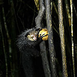 Aye-aye - 11, Palmarium, Madagascar Here it is, the Aye-Aye, the primate woodpecker, rodent, bat or "heh heh", Malagasy for "I don't know". <br />
<br />
"I don't know" is exactly the first thing that popped into my brain upon seeing it. My brain struggled to understand what it was seeing, despite having read about Aye-ayes at a basic level. It just doesn't register or fit into any boxes.<br />
<br />
My second thought was that if I would not know any better, I'd go along with the local superstition that this is a demonic animal. <br />
<br />
Science didn't really know either in earlier times. This creature first was considered a rodent, based on its teeth that perpetually grow and thus must constantly be worn down. It took a long time for it to be considered a primate, and specifically a lemur.<br />
<br />
A very weird primate. Its ears are huge and have inner ridges similar to bats, optimized for echolocation, making this the only primate to use this.<br />
<br />
Echolocation comes into play when its taps its lengthy 3rd finger rapidly on tree tunks to locate insects/larvae inside. Next, it uses its strong teeth to gnawl a hole into the trunk. Finally, it uses its extremely lengthy 4th finger to rapidly pull out the contents, like a machine gun, using a special hooked nail.<br />
<br />
I had always imagined the Aye-aye to be kind of like a Koala: small, slow, and vulnerable. I was wrong at every level. It's pretty large, combined with the tail above 1m in length. It's very fast and escapes a scene in about 2 seconds. It's teeth and fingers are not careful or fragile tools, they're like power tools. <br />
<br />
The backstory: from Palmarium, on dry nights, you can take a boat to an uninhabited island. On the island live 6-8 Aye-ayes. They are typically in the canopy of a mangrove forest. Coconuts are strategically placed at a lower level to lure them down. Flash lights and camera flash are disallowed, yet when the lure action is succesful, a relatively weak area light shines on the feeding Aye-aye, which does not seem to disturb them.<br />
<br />
Photographing them is challenging due to the lack of flash and the light source being quite weak, but it can be done with some special measures.<br />
<br />
To Henriette and me, the Aye-aye was this year's trophy and a proper closure on 3 years of Madagascar, so I'm going to be generous in sharing many shots of this fantastic animal. We're not done with the set though, not quite yet.<br />
<br />
https://www.jungledragon.com/image/87321/aye-aye_-_1_palmarium_madagascar.html<br />
https://www.jungledragon.com/image/87322/aye-aye_-_2_palmarium_madagascar.html<br />
https://www.jungledragon.com/image/87323/aye-aye_-_3_palmarium_madagascar.html<br />
https://www.jungledragon.com/image/87324/aye-aye_-_4_palmarium_madagascar.html<br />
https://www.jungledragon.com/image/87325/aye-aye_-_5_palmarium_madagascar.html<br />
https://www.jungledragon.com/image/87326/aye-aye_-_6_palmarium_madagascar.html<br />
https://www.jungledragon.com/image/87327/aye-aye_-_7_palmarium_madagascar.html<br />
https://www.jungledragon.com/image/87328/aye-aye_-_8_palmarium_madagascar.html<br />
https://www.jungledragon.com/image/87329/aye-aye_-_9_palmarium_madagascar.html<br />
https://www.jungledragon.com/image/87330/aye-aye_-_10_palmarium_madagascar.html<br />
https://www.jungledragon.com/image/87332/aye-aye_-_12_palmarium_madagascar.html<br />
https://www.jungledragon.com/image/87333/aye-aye_-_13_palmarium_madagascar.html<br />
https://www.jungledragon.com/image/87334/aye-aye_-_14_palmarium_madagascar.html<br />
https://www.jungledragon.com/image/87335/aye-aye_-_15_palmarium_madagascar.html<br />
https://www.jungledragon.com/image/87336/aye-aye_-_16_palmarium_madagascar.html<br />
https://www.jungledragon.com/image/87337/aye-aye_-_17_palmarium_madagascar.html<br />
https://www.jungledragon.com/image/87338/aye-aye_-_18_palmarium_madagascar.html<br />
https://www.jungledragon.com/image/87339/aye-aye_-_19_palmarium_madagascar.html<br />
https://www.jungledragon.com/image/87340/aye-aye_-_20_palmarium_madagascar.html<br />
<br />
https://www.youtube.com/watch?v=295rx5Dqsf4 Africa,Aye-aye,Daubentonia madagascariensis,Geotagged,Madagascar,Madagascar 2019,Palmarium reserve,Winter,World