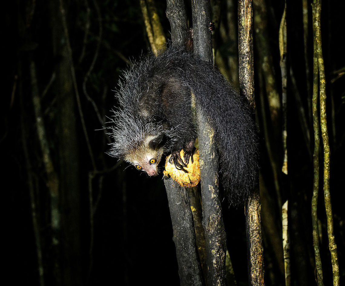 Aye-aye - 12, Palmarium, Madagascar Here it is, the Aye-Aye, the primate woodpecker, rodent, bat or &quot;heh heh&quot;, Malagasy for &quot;I don&#039;t know&quot;. <br />
<br />
&quot;I don&#039;t know&quot; is exactly the first thing that popped into my brain upon seeing it. My brain struggled to understand what it was seeing, despite having read about Aye-ayes at a basic level. It just doesn&#039;t register or fit into any boxes.<br />
<br />
My second thought was that if I would not know any better, I&#039;d go along with the local superstition that this is a demonic animal. <br />
<br />
Science didn&#039;t really know either in earlier times. This creature first was considered a rodent, based on its teeth that perpetually grow and thus must constantly be worn down. It took a long time for it to be considered a primate, and specifically a lemur.<br />
<br />
A very weird primate. Its ears are huge and have inner ridges similar to bats, optimized for echolocation, making this the only primate to use this.<br />
<br />
Echolocation comes into play when its taps its lengthy 3rd finger rapidly on tree tunks to locate insects/larvae inside. Next, it uses its strong teeth to gnawl a hole into the trunk. Finally, it uses its extremely lengthy 4th finger to rapidly pull out the contents, like a machine gun, using a special hooked nail.<br />
<br />
I had always imagined the Aye-aye to be kind of like a Koala: small, slow, and vulnerable. I was wrong at every level. It&#039;s pretty large, combined with the tail above 1m in length. It&#039;s very fast and escapes a scene in about 2 seconds. It&#039;s teeth and fingers are not careful or fragile tools, they&#039;re like power tools. <br />
<br />
The backstory: from Palmarium, on dry nights, you can take a boat to an uninhabited island. On the island live 6-8 Aye-ayes. They are typically in the canopy of a mangrove forest. Coconuts are strategically placed at a lower level to lure them down. Flash lights and camera flash are disallowed, yet when the lure action is succesful, a relatively weak area light shines on the feeding Aye-aye, which does not seem to disturb them.<br />
<br />
Photographing them is challenging due to the lack of flash and the light source being quite weak, but it can be done with some special measures.<br />
<br />
To Henriette and me, the Aye-aye was this year&#039;s trophy and a proper closure on 3 years of Madagascar, so I&#039;m going to be generous in sharing many shots of this fantastic animal. We&#039;re not done with the set though, not quite yet.<br />
<br />
<figure class="photo"><a href="https://www.jungledragon.com/image/87321/aye-aye_-_1_palmarium_madagascar.html" title="Aye-aye - 1, Palmarium, Madagascar"><img src="https://s3.amazonaws.com/media.jungledragon.com/images/2/87321_thumb.jpg?AWSAccessKeyId=05GMT0V3GWVNE7GGM1R2&Expires=1759968010&Signature=nhOQniCYsV6KeNBjW2uflKAxDUU%3D" width="200" height="130" alt="Aye-aye - 1, Palmarium, Madagascar Here it is, the Aye-Aye, the primate woodpecker, rodent, bat or &quot;heh heh&quot;, Malagasy for &quot;I don&#039;t know&quot;. <br />
<br />
&quot;I don&#039;t know&quot; is exactly the first thing that popped into my brain upon seeing it. My brain struggled to understand what it was seeing, despite having read about Aye-ayes at a basic level. It just doesn&#039;t register or fit into any boxes.<br />
<br />
My second thought was that if I would not know any better, I&#039;d go along with the local superstition that this is a demonic animal. <br />
<br />
Science didn&#039;t really know either in earlier times. This creature first was considered a rodent, based on its teeth that perpetually grow and thus must constantly be worn down. It took a long time for it to be considered a primate, and specifically a lemur.<br />
<br />
A very weird primate. Its ears are huge and have inner ridges similar to bats, optimized for echolocation, making this the only primate to use this.<br />
<br />
Echolocation comes into play when its taps its lengthy 3rd finger rapidly on tree tunks to locate insects/larvae inside. Next, it uses its strong teeth to gnawl a hole into the trunk. Finally, it uses its extremely lengthy 4th finger to rapidly pull out the contents, like a machine gun, using a special hooked nail.<br />
<br />
I had always imagined the Aye-aye to be kind of like a Koala: small, slow, and vulnerable. I was wrong at every level. It&#039;s pretty large, combined with the tail above 1m in length. It&#039;s very fast and escapes a scene in about 2 seconds. It&#039;s teeth and fingers are not careful or fragile tools, they&#039;re like power tools. <br />
<br />
The backstory: from Palmarium, on dry nights, you can take a boat to an uninhabited island. On the island live 6-8 Aye-ayes. They are typically in the canopy of a mangrove forest. Coconuts are strategically placed at a lower level to lure them down. Flash lights and camera flash are disallowed, yet when the lure action is succesful, a relatively weak area light shines on the feeding Aye-aye, which does not seem to disturb them.<br />
<br />
Photographing them is challenging due to the lack of flash and the light source being quite weak, but it can be done with some special measures.<br />
<br />
To Henriette and me, the Aye-aye was this year&#039;s trophy and a proper closure on 3 years of Madagascar, so I&#039;m going to be generous in sharing many shots of this fantastic animal. We&#039;re not done with the set though, not quite yet.<br />
<br />
https://www.jungledragon.com/image/87322/aye-aye_-_2_palmarium_madagascar.html<br />
https://www.jungledragon.com/image/87323/aye-aye_-_3_palmarium_madagascar.html<br />
https://www.jungledragon.com/image/87324/aye-aye_-_4_palmarium_madagascar.html<br />
https://www.jungledragon.com/image/87325/aye-aye_-_5_palmarium_madagascar.html<br />
https://www.jungledragon.com/image/87326/aye-aye_-_6_palmarium_madagascar.html<br />
https://www.jungledragon.com/image/87327/aye-aye_-_7_palmarium_madagascar.html<br />
https://www.jungledragon.com/image/87328/aye-aye_-_8_palmarium_madagascar.html<br />
https://www.jungledragon.com/image/87329/aye-aye_-_9_palmarium_madagascar.html<br />
https://www.jungledragon.com/image/87330/aye-aye_-_10_palmarium_madagascar.html<br />
https://www.jungledragon.com/image/87331/aye-aye_-_11_palmarium_madagascar.html<br />
https://www.jungledragon.com/image/87332/aye-aye_-_12_palmarium_madagascar.html<br />
https://www.jungledragon.com/image/87333/aye-aye_-_13_palmarium_madagascar.html<br />
https://www.jungledragon.com/image/87334/aye-aye_-_14_palmarium_madagascar.html<br />
https://www.jungledragon.com/image/87335/aye-aye_-_15_palmarium_madagascar.html<br />
https://www.jungledragon.com/image/87336/aye-aye_-_16_palmarium_madagascar.html<br />
https://www.jungledragon.com/image/87337/aye-aye_-_17_palmarium_madagascar.html<br />
https://www.jungledragon.com/image/87338/aye-aye_-_18_palmarium_madagascar.html<br />
https://www.jungledragon.com/image/87339/aye-aye_-_19_palmarium_madagascar.html<br />
https://www.jungledragon.com/image/87340/aye-aye_-_20_palmarium_madagascar.html<br />
<br />
https://www.youtube.com/watch?v=295rx5Dqsf4 Africa,Aye-aye,Daubentonia madagascariensis,Geotagged,Madagascar,Madagascar 2019,Palmarium reserve,Winter,World" /></a></figure><br />
<figure class="photo"><a href="https://www.jungledragon.com/image/87322/aye-aye_-_2_palmarium_madagascar.html" title="Aye-aye - 2, Palmarium, Madagascar"><img src="https://s3.amazonaws.com/media.jungledragon.com/images/2/87322_thumb.jpg?AWSAccessKeyId=05GMT0V3GWVNE7GGM1R2&Expires=1759968010&Signature=tdchN0giTzURzM3sOqke0I%2Fwusk%3D" width="144" height="152" alt="Aye-aye - 2, Palmarium, Madagascar Here it is, the Aye-Aye, the primate woodpecker, rodent, bat or &quot;heh heh&quot;, Malagasy for &quot;I don&#039;t know&quot;. <br />
<br />
&quot;I don&#039;t know&quot; is exactly the first thing that popped into my brain upon seeing it. My brain struggled to understand what it was seeing, despite having read about Aye-ayes at a basic level. It just doesn&#039;t register or fit into any boxes.<br />
<br />
My second thought was that if I would not know any better, I&#039;d go along with the local superstition that this is a demonic animal. <br />
<br />
Science didn&#039;t really know either in earlier times. This creature first was considered a rodent, based on its teeth that perpetually grow and thus must constantly be worn down. It took a long time for it to be considered a primate, and specifically a lemur.<br />
<br />
A very weird primate. Its ears are huge and have inner ridges similar to bats, optimized for echolocation, making this the only primate to use this.<br />
<br />
Echolocation comes into play when its taps its lengthy 3rd finger rapidly on tree tunks to locate insects/larvae inside. Next, it uses its strong teeth to gnawl a hole into the trunk. Finally, it uses its extremely lengthy 4th finger to rapidly pull out the contents, like a machine gun, using a special hooked nail.<br />
<br />
I had always imagined the Aye-aye to be kind of like a Koala: small, slow, and vulnerable. I was wrong at every level. It&#039;s pretty large, combined with the tail above 1m in length. It&#039;s very fast and escapes a scene in about 2 seconds. It&#039;s teeth and fingers are not careful or fragile tools, they&#039;re like power tools. <br />
<br />
The backstory: from Palmarium, on dry nights, you can take a boat to an uninhabited island. On the island live 6-8 Aye-ayes. They are typically in the canopy of a mangrove forest. Coconuts are strategically placed at a lower level to lure them down. Flash lights and camera flash are disallowed, yet when the lure action is succesful, a relatively weak area light shines on the feeding Aye-aye, which does not seem to disturb them.<br />
<br />
Photographing them is challenging due to the lack of flash and the light source being quite weak, but it can be done with some special measures.<br />
<br />
To Henriette and me, the Aye-aye was this year&#039;s trophy and a proper closure on 3 years of Madagascar, so I&#039;m going to be generous in sharing many shots of this fantastic animal. We&#039;re not done with the set though, not quite yet.<br />
<br />
https://www.jungledragon.com/image/87321/aye-aye_-_1_palmarium_madagascar.html<br />
https://www.jungledragon.com/image/87323/aye-aye_-_3_palmarium_madagascar.html<br />
https://www.jungledragon.com/image/87324/aye-aye_-_4_palmarium_madagascar.html<br />
https://www.jungledragon.com/image/87325/aye-aye_-_5_palmarium_madagascar.html<br />
https://www.jungledragon.com/image/87326/aye-aye_-_6_palmarium_madagascar.html<br />
https://www.jungledragon.com/image/87327/aye-aye_-_7_palmarium_madagascar.html<br />
https://www.jungledragon.com/image/87328/aye-aye_-_8_palmarium_madagascar.html<br />
https://www.jungledragon.com/image/87329/aye-aye_-_9_palmarium_madagascar.html<br />
https://www.jungledragon.com/image/87330/aye-aye_-_10_palmarium_madagascar.html<br />
https://www.jungledragon.com/image/87331/aye-aye_-_11_palmarium_madagascar.html<br />
https://www.jungledragon.com/image/87332/aye-aye_-_12_palmarium_madagascar.html<br />
https://www.jungledragon.com/image/87333/aye-aye_-_13_palmarium_madagascar.html<br />
https://www.jungledragon.com/image/87334/aye-aye_-_14_palmarium_madagascar.html<br />
https://www.jungledragon.com/image/87335/aye-aye_-_15_palmarium_madagascar.html<br />
https://www.jungledragon.com/image/87336/aye-aye_-_16_palmarium_madagascar.html<br />
https://www.jungledragon.com/image/87337/aye-aye_-_17_palmarium_madagascar.html<br />
https://www.jungledragon.com/image/87338/aye-aye_-_18_palmarium_madagascar.html<br />
https://www.jungledragon.com/image/87339/aye-aye_-_19_palmarium_madagascar.html<br />
https://www.jungledragon.com/image/87340/aye-aye_-_20_palmarium_madagascar.html<br />
<br />
https://www.youtube.com/watch?v=295rx5Dqsf4 Africa,Aye-aye,Daubentonia madagascariensis,Geotagged,Madagascar,Madagascar 2019,Palmarium reserve,Winter,World" /></a></figure><br />
<figure class="photo"><a href="https://www.jungledragon.com/image/87323/aye-aye_-_3_palmarium_madagascar.html" title="Aye-aye - 3, Palmarium, Madagascar"><img src="https://s3.amazonaws.com/media.jungledragon.com/images/2/87323_thumb.jpg?AWSAccessKeyId=05GMT0V3GWVNE7GGM1R2&Expires=1759968010&Signature=hV41abwIH%2FSx708i7wiWmnd%2F13U%3D" width="124" height="152" alt="Aye-aye - 3, Palmarium, Madagascar Here it is, the Aye-Aye, the primate woodpecker, rodent, bat or &quot;heh heh&quot;, Malagasy for &quot;I don&#039;t know&quot;. <br />
<br />
&quot;I don&#039;t know&quot; is exactly the first thing that popped into my brain upon seeing it. My brain struggled to understand what it was seeing, despite having read about Aye-ayes at a basic level. It just doesn&#039;t register or fit into any boxes.<br />
<br />
My second thought was that if I would not know any better, I&#039;d go along with the local superstition that this is a demonic animal. <br />
<br />
Science didn&#039;t really know either in earlier times. This creature first was considered a rodent, based on its teeth that perpetually grow and thus must constantly be worn down. It took a long time for it to be considered a primate, and specifically a lemur.<br />
<br />
A very weird primate. Its ears are huge and have inner ridges similar to bats, optimized for echolocation, making this the only primate to use this.<br />
<br />
Echolocation comes into play when its taps its lengthy 3rd finger rapidly on tree tunks to locate insects/larvae inside. Next, it uses its strong teeth to gnawl a hole into the trunk. Finally, it uses its extremely lengthy 4th finger to rapidly pull out the contents, like a machine gun, using a special hooked nail.<br />
<br />
I had always imagined the Aye-aye to be kind of like a Koala: small, slow, and vulnerable. I was wrong at every level. It&#039;s pretty large, combined with the tail above 1m in length. It&#039;s very fast and escapes a scene in about 2 seconds. It&#039;s teeth and fingers are not careful or fragile tools, they&#039;re like power tools. <br />
<br />
The backstory: from Palmarium, on dry nights, you can take a boat to an uninhabited island. On the island live 6-8 Aye-ayes. They are typically in the canopy of a mangrove forest. Coconuts are strategically placed at a lower level to lure them down. Flash lights and camera flash are disallowed, yet when the lure action is succesful, a relatively weak area light shines on the feeding Aye-aye, which does not seem to disturb them.<br />
<br />
Photographing them is challenging due to the lack of flash and the light source being quite weak, but it can be done with some special measures.<br />
<br />
To Henriette and me, the Aye-aye was this year&#039;s trophy and a proper closure on 3 years of Madagascar, so I&#039;m going to be generous in sharing many shots of this fantastic animal. We&#039;re not done with the set though, not quite yet.<br />
<br />
https://www.jungledragon.com/image/87321/aye-aye_-_1_palmarium_madagascar.html<br />
https://www.jungledragon.com/image/87322/aye-aye_-_2_palmarium_madagascar.html<br />
https://www.jungledragon.com/image/87324/aye-aye_-_4_palmarium_madagascar.html<br />
https://www.jungledragon.com/image/87325/aye-aye_-_5_palmarium_madagascar.html<br />
https://www.jungledragon.com/image/87326/aye-aye_-_6_palmarium_madagascar.html<br />
https://www.jungledragon.com/image/87327/aye-aye_-_7_palmarium_madagascar.html<br />
https://www.jungledragon.com/image/87328/aye-aye_-_8_palmarium_madagascar.html<br />
https://www.jungledragon.com/image/87329/aye-aye_-_9_palmarium_madagascar.html<br />
https://www.jungledragon.com/image/87330/aye-aye_-_10_palmarium_madagascar.html<br />
https://www.jungledragon.com/image/87331/aye-aye_-_11_palmarium_madagascar.html<br />
https://www.jungledragon.com/image/87332/aye-aye_-_12_palmarium_madagascar.html<br />
https://www.jungledragon.com/image/87333/aye-aye_-_13_palmarium_madagascar.html<br />
https://www.jungledragon.com/image/87334/aye-aye_-_14_palmarium_madagascar.html<br />
https://www.jungledragon.com/image/87335/aye-aye_-_15_palmarium_madagascar.html<br />
https://www.jungledragon.com/image/87336/aye-aye_-_16_palmarium_madagascar.html<br />
https://www.jungledragon.com/image/87337/aye-aye_-_17_palmarium_madagascar.html<br />
https://www.jungledragon.com/image/87338/aye-aye_-_18_palmarium_madagascar.html<br />
https://www.jungledragon.com/image/87339/aye-aye_-_19_palmarium_madagascar.html<br />
https://www.jungledragon.com/image/87340/aye-aye_-_20_palmarium_madagascar.html<br />
<br />
https://www.youtube.com/watch?v=295rx5Dqsf4 Africa,Aye-aye,Daubentonia madagascariensis,Madagascar,Madagascar 2019,Palmarium reserve,World" /></a></figure><br />
<figure class="photo"><a href="https://www.jungledragon.com/image/87324/aye-aye_-_4_palmarium_madagascar.html" title="Aye-aye - 4, Palmarium, Madagascar"><img src="https://s3.amazonaws.com/media.jungledragon.com/images/2/87324_thumb.jpg?AWSAccessKeyId=05GMT0V3GWVNE7GGM1R2&Expires=1759968010&Signature=v746jjk3Pnzaa8Nd6WXdcoYI5nk%3D" width="200" height="166" alt="Aye-aye - 4, Palmarium, Madagascar Here it is, the Aye-Aye, the primate woodpecker, rodent, bat or &quot;heh heh&quot;, Malagasy for &quot;I don&#039;t know&quot;. <br />
<br />
&quot;I don&#039;t know&quot; is exactly the first thing that popped into my brain upon seeing it. My brain struggled to understand what it was seeing, despite having read about Aye-ayes at a basic level. It just doesn&#039;t register or fit into any boxes.<br />
<br />
My second thought was that if I would not know any better, I&#039;d go along with the local superstition that this is a demonic animal. <br />
<br />
Science didn&#039;t really know either in earlier times. This creature first was considered a rodent, based on its teeth that perpetually grow and thus must constantly be worn down. It took a long time for it to be considered a primate, and specifically a lemur.<br />
<br />
A very weird primate. Its ears are huge and have inner ridges similar to bats, optimized for echolocation, making this the only primate to use this.<br />
<br />
Echolocation comes into play when its taps its lengthy 3rd finger rapidly on tree tunks to locate insects/larvae inside. Next, it uses its strong teeth to gnawl a hole into the trunk. Finally, it uses its extremely lengthy 4th finger to rapidly pull out the contents, like a machine gun, using a special hooked nail.<br />
<br />
I had always imagined the Aye-aye to be kind of like a Koala: small, slow, and vulnerable. I was wrong at every level. It&#039;s pretty large, combined with the tail above 1m in length. It&#039;s very fast and escapes a scene in about 2 seconds. It&#039;s teeth and fingers are not careful or fragile tools, they&#039;re like power tools. <br />
<br />
The backstory: from Palmarium, on dry nights, you can take a boat to an uninhabited island. On the island live 6-8 Aye-ayes. They are typically in the canopy of a mangrove forest. Coconuts are strategically placed at a lower level to lure them down. Flash lights and camera flash are disallowed, yet when the lure action is succesful, a relatively weak area light shines on the feeding Aye-aye, which does not seem to disturb them.<br />
<br />
Photographing them is challenging due to the lack of flash and the light source being quite weak, but it can be done with some special measures.<br />
<br />
To Henriette and me, the Aye-aye was this year&#039;s trophy and a proper closure on 3 years of Madagascar, so I&#039;m going to be generous in sharing many shots of this fantastic animal. We&#039;re not done with the set though, not quite yet.<br />
<br />
https://www.jungledragon.com/image/87321/aye-aye_-_1_palmarium_madagascar.html<br />
https://www.jungledragon.com/image/87322/aye-aye_-_2_palmarium_madagascar.html<br />
https://www.jungledragon.com/image/87323/aye-aye_-_3_palmarium_madagascar.html<br />
https://www.jungledragon.com/image/87325/aye-aye_-_5_palmarium_madagascar.html<br />
https://www.jungledragon.com/image/87326/aye-aye_-_6_palmarium_madagascar.html<br />
https://www.jungledragon.com/image/87327/aye-aye_-_7_palmarium_madagascar.html<br />
https://www.jungledragon.com/image/87328/aye-aye_-_8_palmarium_madagascar.html<br />
https://www.jungledragon.com/image/87329/aye-aye_-_9_palmarium_madagascar.html<br />
https://www.jungledragon.com/image/87330/aye-aye_-_10_palmarium_madagascar.html<br />
https://www.jungledragon.com/image/87331/aye-aye_-_11_palmarium_madagascar.html<br />
https://www.jungledragon.com/image/87332/aye-aye_-_12_palmarium_madagascar.html<br />
https://www.jungledragon.com/image/87333/aye-aye_-_13_palmarium_madagascar.html<br />
https://www.jungledragon.com/image/87334/aye-aye_-_14_palmarium_madagascar.html<br />
https://www.jungledragon.com/image/87335/aye-aye_-_15_palmarium_madagascar.html<br />
https://www.jungledragon.com/image/87336/aye-aye_-_16_palmarium_madagascar.html<br />
https://www.jungledragon.com/image/87337/aye-aye_-_17_palmarium_madagascar.html<br />
https://www.jungledragon.com/image/87338/aye-aye_-_18_palmarium_madagascar.html<br />
https://www.jungledragon.com/image/87339/aye-aye_-_19_palmarium_madagascar.html<br />
https://www.jungledragon.com/image/87340/aye-aye_-_20_palmarium_madagascar.html<br />
<br />
https://www.youtube.com/watch?v=295rx5Dqsf4 Africa,Aye-aye,Daubentonia madagascariensis,Geotagged,Madagascar,Madagascar 2019,Palmarium reserve,Winter,World" /></a></figure><br />
<figure class="photo"><a href="https://www.jungledragon.com/image/87325/aye-aye_-_5_palmarium_madagascar.html" title="Aye-aye - 5, Palmarium, Madagascar"><img src="https://s3.amazonaws.com/media.jungledragon.com/images/2/87325_thumb.jpg?AWSAccessKeyId=05GMT0V3GWVNE7GGM1R2&Expires=1759968010&Signature=xSOlrhdFfGsfFsGI%2BAZEUPRcY4U%3D" width="200" height="134" alt="Aye-aye - 5, Palmarium, Madagascar Here it is, the Aye-Aye, the primate woodpecker, rodent, bat or &quot;heh heh&quot;, Malagasy for &quot;I don&#039;t know&quot;. <br />
<br />
&quot;I don&#039;t know&quot; is exactly the first thing that popped into my brain upon seeing it. My brain struggled to understand what it was seeing, despite having read about Aye-ayes at a basic level. It just doesn&#039;t register or fit into any boxes.<br />
<br />
My second thought was that if I would not know any better, I&#039;d go along with the local superstition that this is a demonic animal. <br />
<br />
Science didn&#039;t really know either in earlier times. This creature first was considered a rodent, based on its teeth that perpetually grow and thus must constantly be worn down. It took a long time for it to be considered a primate, and specifically a lemur.<br />
<br />
A very weird primate. Its ears are huge and have inner ridges similar to bats, optimized for echolocation, making this the only primate to use this.<br />
<br />
Echolocation comes into play when its taps its lengthy 3rd finger rapidly on tree tunks to locate insects/larvae inside. Next, it uses its strong teeth to gnawl a hole into the trunk. Finally, it uses its extremely lengthy 4th finger to rapidly pull out the contents, like a machine gun, using a special hooked nail.<br />
<br />
I had always imagined the Aye-aye to be kind of like a Koala: small, slow, and vulnerable. I was wrong at every level. It&#039;s pretty large, combined with the tail above 1m in length. It&#039;s very fast and escapes a scene in about 2 seconds. It&#039;s teeth and fingers are not careful or fragile tools, they&#039;re like power tools. <br />
<br />
The backstory: from Palmarium, on dry nights, you can take a boat to an uninhabited island. On the island live 6-8 Aye-ayes. They are typically in the canopy of a mangrove forest. Coconuts are strategically placed at a lower level to lure them down. Flash lights and camera flash are disallowed, yet when the lure action is succesful, a relatively weak area light shines on the feeding Aye-aye, which does not seem to disturb them.<br />
<br />
Photographing them is challenging due to the lack of flash and the light source being quite weak, but it can be done with some special measures.<br />
<br />
To Henriette and me, the Aye-aye was this year&#039;s trophy and a proper closure on 3 years of Madagascar, so I&#039;m going to be generous in sharing many shots of this fantastic animal. We&#039;re not done with the set though, not quite yet.<br />
<br />
https://www.jungledragon.com/image/87321/aye-aye_-_1_palmarium_madagascar.html<br />
https://www.jungledragon.com/image/87322/aye-aye_-_2_palmarium_madagascar.html<br />
https://www.jungledragon.com/image/87323/aye-aye_-_3_palmarium_madagascar.html<br />
https://www.jungledragon.com/image/87324/aye-aye_-_4_palmarium_madagascar.html<br />
https://www.jungledragon.com/image/87326/aye-aye_-_6_palmarium_madagascar.html<br />
https://www.jungledragon.com/image/87327/aye-aye_-_7_palmarium_madagascar.html<br />
https://www.jungledragon.com/image/87328/aye-aye_-_8_palmarium_madagascar.html<br />
https://www.jungledragon.com/image/87329/aye-aye_-_9_palmarium_madagascar.html<br />
https://www.jungledragon.com/image/87330/aye-aye_-_10_palmarium_madagascar.html<br />
https://www.jungledragon.com/image/87331/aye-aye_-_11_palmarium_madagascar.html<br />
https://www.jungledragon.com/image/87332/aye-aye_-_12_palmarium_madagascar.html<br />
https://www.jungledragon.com/image/87333/aye-aye_-_13_palmarium_madagascar.html<br />
https://www.jungledragon.com/image/87334/aye-aye_-_14_palmarium_madagascar.html<br />
https://www.jungledragon.com/image/87335/aye-aye_-_15_palmarium_madagascar.html<br />
https://www.jungledragon.com/image/87336/aye-aye_-_16_palmarium_madagascar.html<br />
https://www.jungledragon.com/image/87337/aye-aye_-_17_palmarium_madagascar.html<br />
https://www.jungledragon.com/image/87338/aye-aye_-_18_palmarium_madagascar.html<br />
https://www.jungledragon.com/image/87339/aye-aye_-_19_palmarium_madagascar.html<br />
https://www.jungledragon.com/image/87340/aye-aye_-_20_palmarium_madagascar.html<br />
<br />
https://www.youtube.com/watch?v=295rx5Dqsf4 Africa,Aye-aye,Daubentonia madagascariensis,Geotagged,Madagascar,Madagascar 2019,Palmarium reserve,Winter,World" /></a></figure><br />
<figure class="photo"><a href="https://www.jungledragon.com/image/87326/aye-aye_-_6_palmarium_madagascar.html" title="Aye-aye - 6, Palmarium, Madagascar"><img src="https://s3.amazonaws.com/media.jungledragon.com/images/2/87326_thumb.jpg?AWSAccessKeyId=05GMT0V3GWVNE7GGM1R2&Expires=1759968010&Signature=YDQAk2kXddoFksPfeYansr9%2BKdQ%3D" width="102" height="152" alt="Aye-aye - 6, Palmarium, Madagascar Here it is, the Aye-Aye, the primate woodpecker, rodent, bat or &quot;heh heh&quot;, Malagasy for &quot;I don&#039;t know&quot;. <br />
<br />
&quot;I don&#039;t know&quot; is exactly the first thing that popped into my brain upon seeing it. My brain struggled to understand what it was seeing, despite having read about Aye-ayes at a basic level. It just doesn&#039;t register or fit into any boxes.<br />
<br />
My second thought was that if I would not know any better, I&#039;d go along with the local superstition that this is a demonic animal. <br />
<br />
Science didn&#039;t really know either in earlier times. This creature first was considered a rodent, based on its teeth that perpetually grow and thus must constantly be worn down. It took a long time for it to be considered a primate, and specifically a lemur.<br />
<br />
A very weird primate. Its ears are huge and have inner ridges similar to bats, optimized for echolocation, making this the only primate to use this.<br />
<br />
Echolocation comes into play when its taps its lengthy 3rd finger rapidly on tree tunks to locate insects/larvae inside. Next, it uses its strong teeth to gnawl a hole into the trunk. Finally, it uses its extremely lengthy 4th finger to rapidly pull out the contents, like a machine gun, using a special hooked nail.<br />
<br />
I had always imagined the Aye-aye to be kind of like a Koala: small, slow, and vulnerable. I was wrong at every level. It&#039;s pretty large, combined with the tail above 1m in length. It&#039;s very fast and escapes a scene in about 2 seconds. It&#039;s teeth and fingers are not careful or fragile tools, they&#039;re like power tools. <br />
<br />
The backstory: from Palmarium, on dry nights, you can take a boat to an uninhabited island. On the island live 6-8 Aye-ayes. They are typically in the canopy of a mangrove forest. Coconuts are strategically placed at a lower level to lure them down. Flash lights and camera flash are disallowed, yet when the lure action is succesful, a relatively weak area light shines on the feeding Aye-aye, which does not seem to disturb them.<br />
<br />
Photographing them is challenging due to the lack of flash and the light source being quite weak, but it can be done with some special measures.<br />
<br />
To Henriette and me, the Aye-aye was this year&#039;s trophy and a proper closure on 3 years of Madagascar, so I&#039;m going to be generous in sharing many shots of this fantastic animal. We&#039;re not done with the set though, not quite yet.<br />
<br />
https://www.jungledragon.com/image/87321/aye-aye_-_1_palmarium_madagascar.html<br />
https://www.jungledragon.com/image/87322/aye-aye_-_2_palmarium_madagascar.html<br />
https://www.jungledragon.com/image/87323/aye-aye_-_3_palmarium_madagascar.html<br />
https://www.jungledragon.com/image/87324/aye-aye_-_4_palmarium_madagascar.html<br />
https://www.jungledragon.com/image/87325/aye-aye_-_5_palmarium_madagascar.html<br />
https://www.jungledragon.com/image/87327/aye-aye_-_7_palmarium_madagascar.html<br />
https://www.jungledragon.com/image/87328/aye-aye_-_8_palmarium_madagascar.html<br />
https://www.jungledragon.com/image/87329/aye-aye_-_9_palmarium_madagascar.html<br />
https://www.jungledragon.com/image/87330/aye-aye_-_10_palmarium_madagascar.html<br />
https://www.jungledragon.com/image/87331/aye-aye_-_11_palmarium_madagascar.html<br />
https://www.jungledragon.com/image/87332/aye-aye_-_12_palmarium_madagascar.html<br />
https://www.jungledragon.com/image/87333/aye-aye_-_13_palmarium_madagascar.html<br />
https://www.jungledragon.com/image/87334/aye-aye_-_14_palmarium_madagascar.html<br />
https://www.jungledragon.com/image/87335/aye-aye_-_15_palmarium_madagascar.html<br />
https://www.jungledragon.com/image/87336/aye-aye_-_16_palmarium_madagascar.html<br />
https://www.jungledragon.com/image/87337/aye-aye_-_17_palmarium_madagascar.html<br />
https://www.jungledragon.com/image/87338/aye-aye_-_18_palmarium_madagascar.html<br />
https://www.jungledragon.com/image/87339/aye-aye_-_19_palmarium_madagascar.html<br />
https://www.jungledragon.com/image/87340/aye-aye_-_20_palmarium_madagascar.html<br />
<br />
https://www.youtube.com/watch?v=295rx5Dqsf4 Africa,Aye-aye,Daubentonia madagascariensis,Geotagged,Madagascar,Madagascar 2019,Palmarium reserve,Winter,World" /></a></figure><br />
<figure class="photo"><a href="https://www.jungledragon.com/image/87327/aye-aye_-_7_palmarium_madagascar.html" title="Aye-aye - 7, Palmarium, Madagascar"><img src="https://s3.amazonaws.com/media.jungledragon.com/images/2/87327_thumb.jpg?AWSAccessKeyId=05GMT0V3GWVNE7GGM1R2&Expires=1759968010&Signature=G4aqmP%2FQ9b9NePwKcWO2wjy4XIA%3D" width="200" height="170" alt="Aye-aye - 7, Palmarium, Madagascar Here it is, the Aye-Aye, the primate woodpecker, rodent, bat or &quot;heh heh&quot;, Malagasy for &quot;I don&#039;t know&quot;. <br />
<br />
&quot;I don&#039;t know&quot; is exactly the first thing that popped into my brain upon seeing it. My brain struggled to understand what it was seeing, despite having read about Aye-ayes at a basic level. It just doesn&#039;t register or fit into any boxes.<br />
<br />
My second thought was that if I would not know any better, I&#039;d go along with the local superstition that this is a demonic animal. <br />
<br />
Science didn&#039;t really know either in earlier times. This creature first was considered a rodent, based on its teeth that perpetually grow and thus must constantly be worn down. It took a long time for it to be considered a primate, and specifically a lemur.<br />
<br />
A very weird primate. Its ears are huge and have inner ridges similar to bats, optimized for echolocation, making this the only primate to use this.<br />
<br />
Echolocation comes into play when its taps its lengthy 3rd finger rapidly on tree tunks to locate insects/larvae inside. Next, it uses its strong teeth to gnawl a hole into the trunk. Finally, it uses its extremely lengthy 4th finger to rapidly pull out the contents, like a machine gun, using a special hooked nail.<br />
<br />
I had always imagined the Aye-aye to be kind of like a Koala: small, slow, and vulnerable. I was wrong at every level. It&#039;s pretty large, combined with the tail above 1m in length. It&#039;s very fast and escapes a scene in about 2 seconds. It&#039;s teeth and fingers are not careful or fragile tools, they&#039;re like power tools. <br />
<br />
The backstory: from Palmarium, on dry nights, you can take a boat to an uninhabited island. On the island live 6-8 Aye-ayes. They are typically in the canopy of a mangrove forest. Coconuts are strategically placed at a lower level to lure them down. Flash lights and camera flash are disallowed, yet when the lure action is succesful, a relatively weak area light shines on the feeding Aye-aye, which does not seem to disturb them.<br />
<br />
Photographing them is challenging due to the lack of flash and the light source being quite weak, but it can be done with some special measures.<br />
<br />
To Henriette and me, the Aye-aye was this year&#039;s trophy and a proper closure on 3 years of Madagascar, so I&#039;m going to be generous in sharing many shots of this fantastic animal. We&#039;re not done with the set though, not quite yet.<br />
<br />
https://www.jungledragon.com/image/87321/aye-aye_-_1_palmarium_madagascar.html<br />
https://www.jungledragon.com/image/87322/aye-aye_-_2_palmarium_madagascar.html<br />
https://www.jungledragon.com/image/87323/aye-aye_-_3_palmarium_madagascar.html<br />
https://www.jungledragon.com/image/87324/aye-aye_-_4_palmarium_madagascar.html<br />
https://www.jungledragon.com/image/87325/aye-aye_-_5_palmarium_madagascar.html<br />
https://www.jungledragon.com/image/87326/aye-aye_-_6_palmarium_madagascar.html<br />
https://www.jungledragon.com/image/87328/aye-aye_-_8_palmarium_madagascar.html<br />
https://www.jungledragon.com/image/87329/aye-aye_-_9_palmarium_madagascar.html<br />
https://www.jungledragon.com/image/87330/aye-aye_-_10_palmarium_madagascar.html<br />
https://www.jungledragon.com/image/87331/aye-aye_-_11_palmarium_madagascar.html<br />
https://www.jungledragon.com/image/87332/aye-aye_-_12_palmarium_madagascar.html<br />
https://www.jungledragon.com/image/87333/aye-aye_-_13_palmarium_madagascar.html<br />
https://www.jungledragon.com/image/87334/aye-aye_-_14_palmarium_madagascar.html<br />
https://www.jungledragon.com/image/87335/aye-aye_-_15_palmarium_madagascar.html<br />
https://www.jungledragon.com/image/87336/aye-aye_-_16_palmarium_madagascar.html<br />
https://www.jungledragon.com/image/87337/aye-aye_-_17_palmarium_madagascar.html<br />
https://www.jungledragon.com/image/87338/aye-aye_-_18_palmarium_madagascar.html<br />
https://www.jungledragon.com/image/87339/aye-aye_-_19_palmarium_madagascar.html<br />
https://www.jungledragon.com/image/87340/aye-aye_-_20_palmarium_madagascar.html<br />
<br />
https://www.youtube.com/watch?v=295rx5Dqsf4 Africa,Aye-aye,Daubentonia madagascariensis,Geotagged,Madagascar,Madagascar 2019,Palmarium reserve,Winter,World" /></a></figure><br />
<figure class="photo"><a href="https://www.jungledragon.com/image/87328/aye-aye_-_8_palmarium_madagascar.html" title="Aye-aye - 8, Palmarium, Madagascar"><img src="https://s3.amazonaws.com/media.jungledragon.com/images/2/87328_thumb.jpg?AWSAccessKeyId=05GMT0V3GWVNE7GGM1R2&Expires=1759968010&Signature=PIOvqGdLIN6z9iaXtsgVnS2awrY%3D" width="126" height="152" alt="Aye-aye - 8, Palmarium, Madagascar Here it is, the Aye-Aye, the primate woodpecker, rodent, bat or &quot;heh heh&quot;, Malagasy for &quot;I don&#039;t know&quot;. <br />
<br />
&quot;I don&#039;t know&quot; is exactly the first thing that popped into my brain upon seeing it. My brain struggled to understand what it was seeing, despite having read about Aye-ayes at a basic level. It just doesn&#039;t register or fit into any boxes.<br />
<br />
My second thought was that if I would not know any better, I&#039;d go along with the local superstition that this is a demonic animal. <br />
<br />
Science didn&#039;t really know either in earlier times. This creature first was considered a rodent, based on its teeth that perpetually grow and thus must constantly be worn down. It took a long time for it to be considered a primate, and specifically a lemur.<br />
<br />
A very weird primate. Its ears are huge and have inner ridges similar to bats, optimized for echolocation, making this the only primate to use this.<br />
<br />
Echolocation comes into play when its taps its lengthy 3rd finger rapidly on tree tunks to locate insects/larvae inside. Next, it uses its strong teeth to gnawl a hole into the trunk. Finally, it uses its extremely lengthy 4th finger to rapidly pull out the contents, like a machine gun, using a special hooked nail.<br />
<br />
I had always imagined the Aye-aye to be kind of like a Koala: small, slow, and vulnerable. I was wrong at every level. It&#039;s pretty large, combined with the tail above 1m in length. It&#039;s very fast and escapes a scene in about 2 seconds. It&#039;s teeth and fingers are not careful or fragile tools, they&#039;re like power tools. <br />
<br />
The backstory: from Palmarium, on dry nights, you can take a boat to an uninhabited island. On the island live 6-8 Aye-ayes. They are typically in the canopy of a mangrove forest. Coconuts are strategically placed at a lower level to lure them down. Flash lights and camera flash are disallowed, yet when the lure action is succesful, a relatively weak area light shines on the feeding Aye-aye, which does not seem to disturb them.<br />
<br />
Photographing them is challenging due to the lack of flash and the light source being quite weak, but it can be done with some special measures.<br />
<br />
To Henriette and me, the Aye-aye was this year&#039;s trophy and a proper closure on 3 years of Madagascar, so I&#039;m going to be generous in sharing many shots of this fantastic animal. We&#039;re not done with the set though, not quite yet.<br />
<br />
https://www.jungledragon.com/image/87321/aye-aye_-_1_palmarium_madagascar.html<br />
https://www.jungledragon.com/image/87322/aye-aye_-_2_palmarium_madagascar.html<br />
https://www.jungledragon.com/image/87323/aye-aye_-_3_palmarium_madagascar.html<br />
https://www.jungledragon.com/image/87324/aye-aye_-_4_palmarium_madagascar.html<br />
https://www.jungledragon.com/image/87325/aye-aye_-_5_palmarium_madagascar.html<br />
https://www.jungledragon.com/image/87326/aye-aye_-_6_palmarium_madagascar.html<br />
https://www.jungledragon.com/image/87327/aye-aye_-_7_palmarium_madagascar.html<br />
https://www.jungledragon.com/image/87329/aye-aye_-_9_palmarium_madagascar.html<br />
https://www.jungledragon.com/image/87330/aye-aye_-_10_palmarium_madagascar.html<br />
https://www.jungledragon.com/image/87331/aye-aye_-_11_palmarium_madagascar.html<br />
https://www.jungledragon.com/image/87332/aye-aye_-_12_palmarium_madagascar.html<br />
https://www.jungledragon.com/image/87333/aye-aye_-_13_palmarium_madagascar.html<br />
https://www.jungledragon.com/image/87334/aye-aye_-_14_palmarium_madagascar.html<br />
https://www.jungledragon.com/image/87335/aye-aye_-_15_palmarium_madagascar.html<br />
https://www.jungledragon.com/image/87336/aye-aye_-_16_palmarium_madagascar.html<br />
https://www.jungledragon.com/image/87337/aye-aye_-_17_palmarium_madagascar.html<br />
https://www.jungledragon.com/image/87338/aye-aye_-_18_palmarium_madagascar.html<br />
https://www.jungledragon.com/image/87339/aye-aye_-_19_palmarium_madagascar.html<br />
https://www.jungledragon.com/image/87340/aye-aye_-_20_palmarium_madagascar.html<br />
<br />
https://www.youtube.com/watch?v=295rx5Dqsf4 Africa,Aye-aye,Daubentonia madagascariensis,Geotagged,Madagascar,Madagascar 2019,Palmarium reserve,Winter,World" /></a></figure><br />
<figure class="photo"><a href="https://www.jungledragon.com/image/87329/aye-aye_-_9_palmarium_madagascar.html" title="Aye-aye - 9, Palmarium, Madagascar"><img src="https://s3.amazonaws.com/media.jungledragon.com/images/2/87329_thumb.jpg?AWSAccessKeyId=05GMT0V3GWVNE7GGM1R2&Expires=1759968010&Signature=nYcVlSmLXPiWzkkjD7D4bUZ6Zms%3D" width="200" height="172" alt="Aye-aye - 9, Palmarium, Madagascar Here it is, the Aye-Aye, the primate woodpecker, rodent, bat or &quot;heh heh&quot;, Malagasy for &quot;I don&#039;t know&quot;. <br />
<br />
&quot;I don&#039;t know&quot; is exactly the first thing that popped into my brain upon seeing it. My brain struggled to understand what it was seeing, despite having read about Aye-ayes at a basic level. It just doesn&#039;t register or fit into any boxes.<br />
<br />
My second thought was that if I would not know any better, I&#039;d go along with the local superstition that this is a demonic animal. <br />
<br />
Science didn&#039;t really know either in earlier times. This creature first was considered a rodent, based on its teeth that perpetually grow and thus must constantly be worn down. It took a long time for it to be considered a primate, and specifically a lemur.<br />
<br />
A very weird primate. Its ears are huge and have inner ridges similar to bats, optimized for echolocation, making this the only primate to use this.<br />
<br />
Echolocation comes into play when its taps its lengthy 3rd finger rapidly on tree tunks to locate insects/larvae inside. Next, it uses its strong teeth to gnawl a hole into the trunk. Finally, it uses its extremely lengthy 4th finger to rapidly pull out the contents, like a machine gun, using a special hooked nail.<br />
<br />
I had always imagined the Aye-aye to be kind of like a Koala: small, slow, and vulnerable. I was wrong at every level. It&#039;s pretty large, combined with the tail above 1m in length. It&#039;s very fast and escapes a scene in about 2 seconds. It&#039;s teeth and fingers are not careful or fragile tools, they&#039;re like power tools. <br />
<br />
The backstory: from Palmarium, on dry nights, you can take a boat to an uninhabited island. On the island live 6-8 Aye-ayes. They are typically in the canopy of a mangrove forest. Coconuts are strategically placed at a lower level to lure them down. Flash lights and camera flash are disallowed, yet when the lure action is succesful, a relatively weak area light shines on the feeding Aye-aye, which does not seem to disturb them.<br />
<br />
Photographing them is challenging due to the lack of flash and the light source being quite weak, but it can be done with some special measures.<br />
<br />
To Henriette and me, the Aye-aye was this year&#039;s trophy and a proper closure on 3 years of Madagascar, so I&#039;m going to be generous in sharing many shots of this fantastic animal. We&#039;re not done with the set though, not quite yet.<br />
<br />
https://www.jungledragon.com/image/87321/aye-aye_-_1_palmarium_madagascar.html<br />
https://www.jungledragon.com/image/87322/aye-aye_-_2_palmarium_madagascar.html<br />
https://www.jungledragon.com/image/87323/aye-aye_-_3_palmarium_madagascar.html<br />
https://www.jungledragon.com/image/87324/aye-aye_-_4_palmarium_madagascar.html<br />
https://www.jungledragon.com/image/87325/aye-aye_-_5_palmarium_madagascar.html<br />
https://www.jungledragon.com/image/87326/aye-aye_-_6_palmarium_madagascar.html<br />
https://www.jungledragon.com/image/87327/aye-aye_-_7_palmarium_madagascar.html<br />
https://www.jungledragon.com/image/87328/aye-aye_-_8_palmarium_madagascar.html<br />
https://www.jungledragon.com/image/87330/aye-aye_-_10_palmarium_madagascar.html<br />
https://www.jungledragon.com/image/87331/aye-aye_-_11_palmarium_madagascar.html<br />
https://www.jungledragon.com/image/87332/aye-aye_-_12_palmarium_madagascar.html<br />
https://www.jungledragon.com/image/87333/aye-aye_-_13_palmarium_madagascar.html<br />
https://www.jungledragon.com/image/87334/aye-aye_-_14_palmarium_madagascar.html<br />
https://www.jungledragon.com/image/87335/aye-aye_-_15_palmarium_madagascar.html<br />
https://www.jungledragon.com/image/87336/aye-aye_-_16_palmarium_madagascar.html<br />
https://www.jungledragon.com/image/87337/aye-aye_-_17_palmarium_madagascar.html<br />
https://www.jungledragon.com/image/87338/aye-aye_-_18_palmarium_madagascar.html<br />
https://www.jungledragon.com/image/87339/aye-aye_-_19_palmarium_madagascar.html<br />
https://www.jungledragon.com/image/87340/aye-aye_-_20_palmarium_madagascar.html<br />
<br />
https://www.youtube.com/watch?v=295rx5Dqsf4 Africa,Aye-aye,Daubentonia madagascariensis,Geotagged,Madagascar,Madagascar 2019,Palmarium reserve,Winter,World" /></a></figure><br />
<figure class="photo"><a href="https://www.jungledragon.com/image/87330/aye-aye_-_10_palmarium_madagascar.html" title="Aye-aye - 10, Palmarium, Madagascar"><img src="https://s3.amazonaws.com/media.jungledragon.com/images/2/87330_thumb.jpg?AWSAccessKeyId=05GMT0V3GWVNE7GGM1R2&Expires=1759968010&Signature=6FslhQmWEdZ3R2aIA5Lqlgv28xw%3D" width="200" height="114" alt="Aye-aye - 10, Palmarium, Madagascar Here it is, the Aye-Aye, the primate woodpecker, rodent, bat or &quot;heh heh&quot;, Malagasy for &quot;I don&#039;t know&quot;. <br />
<br />
&quot;I don&#039;t know&quot; is exactly the first thing that popped into my brain upon seeing it. My brain struggled to understand what it was seeing, despite having read about Aye-ayes at a basic level. It just doesn&#039;t register or fit into any boxes.<br />
<br />
My second thought was that if I would not know any better, I&#039;d go along with the local superstition that this is a demonic animal. <br />
<br />
Science didn&#039;t really know either in earlier times. This creature first was considered a rodent, based on its teeth that perpetually grow and thus must constantly be worn down. It took a long time for it to be considered a primate, and specifically a lemur.<br />
<br />
A very weird primate. Its ears are huge and have inner ridges similar to bats, optimized for echolocation, making this the only primate to use this.<br />
<br />
Echolocation comes into play when its taps its lengthy 3rd finger rapidly on tree tunks to locate insects/larvae inside. Next, it uses its strong teeth to gnawl a hole into the trunk. Finally, it uses its extremely lengthy 4th finger to rapidly pull out the contents, like a machine gun, using a special hooked nail.<br />
<br />
I had always imagined the Aye-aye to be kind of like a Koala: small, slow, and vulnerable. I was wrong at every level. It&#039;s pretty large, combined with the tail above 1m in length. It&#039;s very fast and escapes a scene in about 2 seconds. It&#039;s teeth and fingers are not careful or fragile tools, they&#039;re like power tools. <br />
<br />
The backstory: from Palmarium, on dry nights, you can take a boat to an uninhabited island. On the island live 6-8 Aye-ayes. They are typically in the canopy of a mangrove forest. Coconuts are strategically placed at a lower level to lure them down. Flash lights and camera flash are disallowed, yet when the lure action is succesful, a relatively weak area light shines on the feeding Aye-aye, which does not seem to disturb them.<br />
<br />
Photographing them is challenging due to the lack of flash and the light source being quite weak, but it can be done with some special measures.<br />
<br />
To Henriette and me, the Aye-aye was this year&#039;s trophy and a proper closure on 3 years of Madagascar, so I&#039;m going to be generous in sharing many shots of this fantastic animal. We&#039;re not done with the set though, not quite yet.<br />
<br />
https://www.jungledragon.com/image/87321/aye-aye_-_1_palmarium_madagascar.html<br />
https://www.jungledragon.com/image/87322/aye-aye_-_2_palmarium_madagascar.html<br />
https://www.jungledragon.com/image/87323/aye-aye_-_3_palmarium_madagascar.html<br />
https://www.jungledragon.com/image/87324/aye-aye_-_4_palmarium_madagascar.html<br />
https://www.jungledragon.com/image/87325/aye-aye_-_5_palmarium_madagascar.html<br />
https://www.jungledragon.com/image/87326/aye-aye_-_6_palmarium_madagascar.html<br />
https://www.jungledragon.com/image/87327/aye-aye_-_7_palmarium_madagascar.html<br />
https://www.jungledragon.com/image/87328/aye-aye_-_8_palmarium_madagascar.html<br />
https://www.jungledragon.com/image/87329/aye-aye_-_9_palmarium_madagascar.html<br />
https://www.jungledragon.com/image/87331/aye-aye_-_11_palmarium_madagascar.html<br />
https://www.jungledragon.com/image/87332/aye-aye_-_12_palmarium_madagascar.html<br />
https://www.jungledragon.com/image/87333/aye-aye_-_13_palmarium_madagascar.html<br />
https://www.jungledragon.com/image/87334/aye-aye_-_14_palmarium_madagascar.html<br />
https://www.jungledragon.com/image/87335/aye-aye_-_15_palmarium_madagascar.html<br />
https://www.jungledragon.com/image/87336/aye-aye_-_16_palmarium_madagascar.html<br />
https://www.jungledragon.com/image/87337/aye-aye_-_17_palmarium_madagascar.html<br />
https://www.jungledragon.com/image/87338/aye-aye_-_18_palmarium_madagascar.html<br />
https://www.jungledragon.com/image/87339/aye-aye_-_19_palmarium_madagascar.html<br />
https://www.jungledragon.com/image/87340/aye-aye_-_20_palmarium_madagascar.html<br />
<br />
https://www.youtube.com/watch?v=295rx5Dqsf4 Africa,Aye-aye,Daubentonia madagascariensis,Geotagged,Madagascar,Madagascar 2019,Palmarium reserve,Winter,World" /></a></figure><br />
<figure class="photo"><a href="https://www.jungledragon.com/image/87331/aye-aye_-_11_palmarium_madagascar.html" title="Aye-aye - 11, Palmarium, Madagascar"><img src="https://s3.amazonaws.com/media.jungledragon.com/images/2/87331_thumb.jpg?AWSAccessKeyId=05GMT0V3GWVNE7GGM1R2&Expires=1759968010&Signature=ALgIC0aBH%2B6kAZ7EPCcCyhxrxNk%3D" width="152" height="152" alt="Aye-aye - 11, Palmarium, Madagascar Here it is, the Aye-Aye, the primate woodpecker, rodent, bat or &quot;heh heh&quot;, Malagasy for &quot;I don&#039;t know&quot;. <br />
<br />
&quot;I don&#039;t know&quot; is exactly the first thing that popped into my brain upon seeing it. My brain struggled to understand what it was seeing, despite having read about Aye-ayes at a basic level. It just doesn&#039;t register or fit into any boxes.<br />
<br />
My second thought was that if I would not know any better, I&#039;d go along with the local superstition that this is a demonic animal. <br />
<br />
Science didn&#039;t really know either in earlier times. This creature first was considered a rodent, based on its teeth that perpetually grow and thus must constantly be worn down. It took a long time for it to be considered a primate, and specifically a lemur.<br />
<br />
A very weird primate. Its ears are huge and have inner ridges similar to bats, optimized for echolocation, making this the only primate to use this.<br />
<br />
Echolocation comes into play when its taps its lengthy 3rd finger rapidly on tree tunks to locate insects/larvae inside. Next, it uses its strong teeth to gnawl a hole into the trunk. Finally, it uses its extremely lengthy 4th finger to rapidly pull out the contents, like a machine gun, using a special hooked nail.<br />
<br />
I had always imagined the Aye-aye to be kind of like a Koala: small, slow, and vulnerable. I was wrong at every level. It&#039;s pretty large, combined with the tail above 1m in length. It&#039;s very fast and escapes a scene in about 2 seconds. It&#039;s teeth and fingers are not careful or fragile tools, they&#039;re like power tools. <br />
<br />
The backstory: from Palmarium, on dry nights, you can take a boat to an uninhabited island. On the island live 6-8 Aye-ayes. They are typically in the canopy of a mangrove forest. Coconuts are strategically placed at a lower level to lure them down. Flash lights and camera flash are disallowed, yet when the lure action is succesful, a relatively weak area light shines on the feeding Aye-aye, which does not seem to disturb them.<br />
<br />
Photographing them is challenging due to the lack of flash and the light source being quite weak, but it can be done with some special measures.<br />
<br />
To Henriette and me, the Aye-aye was this year&#039;s trophy and a proper closure on 3 years of Madagascar, so I&#039;m going to be generous in sharing many shots of this fantastic animal. We&#039;re not done with the set though, not quite yet.<br />
<br />
https://www.jungledragon.com/image/87321/aye-aye_-_1_palmarium_madagascar.html<br />
https://www.jungledragon.com/image/87322/aye-aye_-_2_palmarium_madagascar.html<br />
https://www.jungledragon.com/image/87323/aye-aye_-_3_palmarium_madagascar.html<br />
https://www.jungledragon.com/image/87324/aye-aye_-_4_palmarium_madagascar.html<br />
https://www.jungledragon.com/image/87325/aye-aye_-_5_palmarium_madagascar.html<br />
https://www.jungledragon.com/image/87326/aye-aye_-_6_palmarium_madagascar.html<br />
https://www.jungledragon.com/image/87327/aye-aye_-_7_palmarium_madagascar.html<br />
https://www.jungledragon.com/image/87328/aye-aye_-_8_palmarium_madagascar.html<br />
https://www.jungledragon.com/image/87329/aye-aye_-_9_palmarium_madagascar.html<br />
https://www.jungledragon.com/image/87330/aye-aye_-_10_palmarium_madagascar.html<br />
https://www.jungledragon.com/image/87332/aye-aye_-_12_palmarium_madagascar.html<br />
https://www.jungledragon.com/image/87333/aye-aye_-_13_palmarium_madagascar.html<br />
https://www.jungledragon.com/image/87334/aye-aye_-_14_palmarium_madagascar.html<br />
https://www.jungledragon.com/image/87335/aye-aye_-_15_palmarium_madagascar.html<br />
https://www.jungledragon.com/image/87336/aye-aye_-_16_palmarium_madagascar.html<br />
https://www.jungledragon.com/image/87337/aye-aye_-_17_palmarium_madagascar.html<br />
https://www.jungledragon.com/image/87338/aye-aye_-_18_palmarium_madagascar.html<br />
https://www.jungledragon.com/image/87339/aye-aye_-_19_palmarium_madagascar.html<br />
https://www.jungledragon.com/image/87340/aye-aye_-_20_palmarium_madagascar.html<br />
<br />
https://www.youtube.com/watch?v=295rx5Dqsf4 Africa,Aye-aye,Daubentonia madagascariensis,Geotagged,Madagascar,Madagascar 2019,Palmarium reserve,Winter,World" /></a></figure><br />
<figure class="photo"><a href="https://www.jungledragon.com/image/87333/aye-aye_-_13_palmarium_madagascar.html" title="Aye-aye - 13, Palmarium, Madagascar"><img src="https://s3.amazonaws.com/media.jungledragon.com/images/2/87333_thumb.jpg?AWSAccessKeyId=05GMT0V3GWVNE7GGM1R2&Expires=1759968010&Signature=OPdUGHeqw9O4qLY7d7TCPYLA5KE%3D" width="200" height="134" alt="Aye-aye - 13, Palmarium, Madagascar Here it is, the Aye-Aye, the primate woodpecker, rodent, bat or &quot;heh heh&quot;, Malagasy for &quot;I don&#039;t know&quot;. <br />
<br />
&quot;I don&#039;t know&quot; is exactly the first thing that popped into my brain upon seeing it. My brain struggled to understand what it was seeing, despite having read about Aye-ayes at a basic level. It just doesn&#039;t register or fit into any boxes.<br />
<br />
My second thought was that if I would not know any better, I&#039;d go along with the local superstition that this is a demonic animal. <br />
<br />
Science didn&#039;t really know either in earlier times. This creature first was considered a rodent, based on its teeth that perpetually grow and thus must constantly be worn down. It took a long time for it to be considered a primate, and specifically a lemur.<br />
<br />
A very weird primate. Its ears are huge and have inner ridges similar to bats, optimized for echolocation, making this the only primate to use this.<br />
<br />
Echolocation comes into play when its taps its lengthy 3rd finger rapidly on tree tunks to locate insects/larvae inside. Next, it uses its strong teeth to gnawl a hole into the trunk. Finally, it uses its extremely lengthy 4th finger to rapidly pull out the contents, like a machine gun, using a special hooked nail.<br />
<br />
I had always imagined the Aye-aye to be kind of like a Koala: small, slow, and vulnerable. I was wrong at every level. It&#039;s pretty large, combined with the tail above 1m in length. It&#039;s very fast and escapes a scene in about 2 seconds. It&#039;s teeth and fingers are not careful or fragile tools, they&#039;re like power tools. <br />
<br />
The backstory: from Palmarium, on dry nights, you can take a boat to an uninhabited island. On the island live 6-8 Aye-ayes. They are typically in the canopy of a mangrove forest. Coconuts are strategically placed at a lower level to lure them down. Flash lights and camera flash are disallowed, yet when the lure action is succesful, a relatively weak area light shines on the feeding Aye-aye, which does not seem to disturb them.<br />
<br />
Photographing them is challenging due to the lack of flash and the light source being quite weak, but it can be done with some special measures.<br />
<br />
To Henriette and me, the Aye-aye was this year&#039;s trophy and a proper closure on 3 years of Madagascar, so I&#039;m going to be generous in sharing many shots of this fantastic animal. We&#039;re not done with the set though, not quite yet.<br />
<br />
https://www.jungledragon.com/image/87321/aye-aye_-_1_palmarium_madagascar.html<br />
https://www.jungledragon.com/image/87322/aye-aye_-_2_palmarium_madagascar.html<br />
https://www.jungledragon.com/image/87323/aye-aye_-_3_palmarium_madagascar.html<br />
https://www.jungledragon.com/image/87324/aye-aye_-_4_palmarium_madagascar.html<br />
https://www.jungledragon.com/image/87325/aye-aye_-_5_palmarium_madagascar.html<br />
https://www.jungledragon.com/image/87326/aye-aye_-_6_palmarium_madagascar.html<br />
https://www.jungledragon.com/image/87327/aye-aye_-_7_palmarium_madagascar.html<br />
https://www.jungledragon.com/image/87328/aye-aye_-_8_palmarium_madagascar.html<br />
https://www.jungledragon.com/image/87329/aye-aye_-_9_palmarium_madagascar.html<br />
https://www.jungledragon.com/image/87330/aye-aye_-_10_palmarium_madagascar.html<br />
https://www.jungledragon.com/image/87331/aye-aye_-_11_palmarium_madagascar.html<br />
https://www.jungledragon.com/image/87332/aye-aye_-_12_palmarium_madagascar.html<br />
https://www.jungledragon.com/image/87334/aye-aye_-_14_palmarium_madagascar.html<br />
https://www.jungledragon.com/image/87335/aye-aye_-_15_palmarium_madagascar.html<br />
https://www.jungledragon.com/image/87336/aye-aye_-_16_palmarium_madagascar.html<br />
https://www.jungledragon.com/image/87337/aye-aye_-_17_palmarium_madagascar.html<br />
https://www.jungledragon.com/image/87338/aye-aye_-_18_palmarium_madagascar.html<br />
https://www.jungledragon.com/image/87339/aye-aye_-_19_palmarium_madagascar.html<br />
https://www.jungledragon.com/image/87340/aye-aye_-_20_palmarium_madagascar.html<br />
<br />
https://www.youtube.com/watch?v=295rx5Dqsf4 Africa,Aye-aye,Daubentonia madagascariensis,Geotagged,Madagascar,Madagascar 2019,Palmarium reserve,Winter,World" /></a></figure><br />
<figure class="photo"><a href="https://www.jungledragon.com/image/87334/aye-aye_-_14_palmarium_madagascar.html" title="Aye-aye - 14, Palmarium, Madagascar"><img src="https://s3.amazonaws.com/media.jungledragon.com/images/2/87334_thumb.jpg?AWSAccessKeyId=05GMT0V3GWVNE7GGM1R2&Expires=1759968010&Signature=EMvLlWyJH1cokwOFQ7JaR0lvSvI%3D" width="150" height="152" alt="Aye-aye - 14, Palmarium, Madagascar Here it is, the Aye-Aye, the primate woodpecker, rodent, bat or &quot;heh heh&quot;, Malagasy for &quot;I don&#039;t know&quot;. <br />
<br />
&quot;I don&#039;t know&quot; is exactly the first thing that popped into my brain upon seeing it. My brain struggled to understand what it was seeing, despite having read about Aye-ayes at a basic level. It just doesn&#039;t register or fit into any boxes.<br />
<br />
My second thought was that if I would not know any better, I&#039;d go along with the local superstition that this is a demonic animal. <br />
<br />
Science didn&#039;t really know either in earlier times. This creature first was considered a rodent, based on its teeth that perpetually grow and thus must constantly be worn down. It took a long time for it to be considered a primate, and specifically a lemur.<br />
<br />
A very weird primate. Its ears are huge and have inner ridges similar to bats, optimized for echolocation, making this the only primate to use this.<br />
<br />
Echolocation comes into play when its taps its lengthy 3rd finger rapidly on tree tunks to locate insects/larvae inside. Next, it uses its strong teeth to gnawl a hole into the trunk. Finally, it uses its extremely lengthy 4th finger to rapidly pull out the contents, like a machine gun, using a special hooked nail.<br />
<br />
I had always imagined the Aye-aye to be kind of like a Koala: small, slow, and vulnerable. I was wrong at every level. It&#039;s pretty large, combined with the tail above 1m in length. It&#039;s very fast and escapes a scene in about 2 seconds. It&#039;s teeth and fingers are not careful or fragile tools, they&#039;re like power tools. <br />
<br />
The backstory: from Palmarium, on dry nights, you can take a boat to an uninhabited island. On the island live 6-8 Aye-ayes. They are typically in the canopy of a mangrove forest. Coconuts are strategically placed at a lower level to lure them down. Flash lights and camera flash are disallowed, yet when the lure action is succesful, a relatively weak area light shines on the feeding Aye-aye, which does not seem to disturb them.<br />
<br />
Photographing them is challenging due to the lack of flash and the light source being quite weak, but it can be done with some special measures.<br />
<br />
To Henriette and me, the Aye-aye was this year&#039;s trophy and a proper closure on 3 years of Madagascar, so I&#039;m going to be generous in sharing many shots of this fantastic animal. We&#039;re not done with the set though, not quite yet.<br />
<br />
https://www.jungledragon.com/image/87321/aye-aye_-_1_palmarium_madagascar.html<br />
https://www.jungledragon.com/image/87322/aye-aye_-_2_palmarium_madagascar.html<br />
https://www.jungledragon.com/image/87323/aye-aye_-_3_palmarium_madagascar.html<br />
https://www.jungledragon.com/image/87324/aye-aye_-_4_palmarium_madagascar.html<br />
https://www.jungledragon.com/image/87325/aye-aye_-_5_palmarium_madagascar.html<br />
https://www.jungledragon.com/image/87326/aye-aye_-_6_palmarium_madagascar.html<br />
https://www.jungledragon.com/image/87327/aye-aye_-_7_palmarium_madagascar.html<br />
https://www.jungledragon.com/image/87328/aye-aye_-_8_palmarium_madagascar.html<br />
https://www.jungledragon.com/image/87329/aye-aye_-_9_palmarium_madagascar.html<br />
https://www.jungledragon.com/image/87330/aye-aye_-_10_palmarium_madagascar.html<br />
https://www.jungledragon.com/image/87331/aye-aye_-_11_palmarium_madagascar.html<br />
https://www.jungledragon.com/image/87332/aye-aye_-_12_palmarium_madagascar.html<br />
https://www.jungledragon.com/image/87333/aye-aye_-_13_palmarium_madagascar.html<br />
https://www.jungledragon.com/image/87335/aye-aye_-_15_palmarium_madagascar.html<br />
https://www.jungledragon.com/image/87336/aye-aye_-_16_palmarium_madagascar.html<br />
https://www.jungledragon.com/image/87337/aye-aye_-_17_palmarium_madagascar.html<br />
https://www.jungledragon.com/image/87338/aye-aye_-_18_palmarium_madagascar.html<br />
https://www.jungledragon.com/image/87339/aye-aye_-_19_palmarium_madagascar.html<br />
https://www.jungledragon.com/image/87340/aye-aye_-_20_palmarium_madagascar.html<br />
<br />
https://www.youtube.com/watch?v=295rx5Dqsf4 Africa,Aye-aye,Daubentonia madagascariensis,Geotagged,Madagascar,Madagascar 2019,Palmarium reserve,Winter,World" /></a></figure><br />
<figure class="photo"><a href="https://www.jungledragon.com/image/87335/aye-aye_-_15_palmarium_madagascar.html" title="Aye-aye - 15, Palmarium, Madagascar"><img src="https://s3.amazonaws.com/media.jungledragon.com/images/2/87335_thumb.jpg?AWSAccessKeyId=05GMT0V3GWVNE7GGM1R2&Expires=1759968010&Signature=tGIpSRY7YnoHe48u7ZAzn5EaadM%3D" width="200" height="152" alt="Aye-aye - 15, Palmarium, Madagascar Here it is, the Aye-Aye, the primate woodpecker, rodent, bat or &quot;heh heh&quot;, Malagasy for &quot;I don&#039;t know&quot;. <br />
<br />
&quot;I don&#039;t know&quot; is exactly the first thing that popped into my brain upon seeing it. My brain struggled to understand what it was seeing, despite having read about Aye-ayes at a basic level. It just doesn&#039;t register or fit into any boxes.<br />
<br />
My second thought was that if I would not know any better, I&#039;d go along with the local superstition that this is a demonic animal. <br />
<br />
Science didn&#039;t really know either in earlier times. This creature first was considered a rodent, based on its teeth that perpetually grow and thus must constantly be worn down. It took a long time for it to be considered a primate, and specifically a lemur.<br />
<br />
A very weird primate. Its ears are huge and have inner ridges similar to bats, optimized for echolocation, making this the only primate to use this.<br />
<br />
Echolocation comes into play when its taps its lengthy 3rd finger rapidly on tree tunks to locate insects/larvae inside. Next, it uses its strong teeth to gnawl a hole into the trunk. Finally, it uses its extremely lengthy 4th finger to rapidly pull out the contents, like a machine gun, using a special hooked nail.<br />
<br />
I had always imagined the Aye-aye to be kind of like a Koala: small, slow, and vulnerable. I was wrong at every level. It&#039;s pretty large, combined with the tail above 1m in length. It&#039;s very fast and escapes a scene in about 2 seconds. It&#039;s teeth and fingers are not careful or fragile tools, they&#039;re like power tools. <br />
<br />
The backstory: from Palmarium, on dry nights, you can take a boat to an uninhabited island. On the island live 6-8 Aye-ayes. They are typically in the canopy of a mangrove forest. Coconuts are strategically placed at a lower level to lure them down. Flash lights and camera flash are disallowed, yet when the lure action is succesful, a relatively weak area light shines on the feeding Aye-aye, which does not seem to disturb them.<br />
<br />
Photographing them is challenging due to the lack of flash and the light source being quite weak, but it can be done with some special measures.<br />
<br />
To Henriette and me, the Aye-aye was this year&#039;s trophy and a proper closure on 3 years of Madagascar, so I&#039;m going to be generous in sharing many shots of this fantastic animal. We&#039;re not done with the set though, not quite yet.<br />
<br />
https://www.jungledragon.com/image/87321/aye-aye_-_1_palmarium_madagascar.html<br />
https://www.jungledragon.com/image/87322/aye-aye_-_2_palmarium_madagascar.html<br />
https://www.jungledragon.com/image/87323/aye-aye_-_3_palmarium_madagascar.html<br />
https://www.jungledragon.com/image/87324/aye-aye_-_4_palmarium_madagascar.html<br />
https://www.jungledragon.com/image/87325/aye-aye_-_5_palmarium_madagascar.html<br />
https://www.jungledragon.com/image/87326/aye-aye_-_6_palmarium_madagascar.html<br />
https://www.jungledragon.com/image/87327/aye-aye_-_7_palmarium_madagascar.html<br />
https://www.jungledragon.com/image/87328/aye-aye_-_8_palmarium_madagascar.html<br />
https://www.jungledragon.com/image/87329/aye-aye_-_9_palmarium_madagascar.html<br />
https://www.jungledragon.com/image/87330/aye-aye_-_10_palmarium_madagascar.html<br />
https://www.jungledragon.com/image/87331/aye-aye_-_11_palmarium_madagascar.html<br />
https://www.jungledragon.com/image/87332/aye-aye_-_12_palmarium_madagascar.html<br />
https://www.jungledragon.com/image/87333/aye-aye_-_13_palmarium_madagascar.html<br />
https://www.jungledragon.com/image/87334/aye-aye_-_14_palmarium_madagascar.html<br />
https://www.jungledragon.com/image/87336/aye-aye_-_16_palmarium_madagascar.html<br />
https://www.jungledragon.com/image/87337/aye-aye_-_17_palmarium_madagascar.html<br />
https://www.jungledragon.com/image/87338/aye-aye_-_18_palmarium_madagascar.html<br />
https://www.jungledragon.com/image/87339/aye-aye_-_19_palmarium_madagascar.html<br />
https://www.jungledragon.com/image/87340/aye-aye_-_20_palmarium_madagascar.html<br />
<br />
https://www.youtube.com/watch?v=295rx5Dqsf4 Africa,Aye-aye,Daubentonia madagascariensis,Geotagged,Madagascar,Madagascar 2019,Palmarium reserve,Winter,World" /></a></figure><br />
<figure class="photo"><a href="https://www.jungledragon.com/image/87336/aye-aye_-_16_palmarium_madagascar.html" title="Aye-aye - 16, Palmarium, Madagascar"><img src="https://s3.amazonaws.com/media.jungledragon.com/images/2/87336_thumb.jpg?AWSAccessKeyId=05GMT0V3GWVNE7GGM1R2&Expires=1759968010&Signature=xvWPec38tDLJX80aKszF6jUdv3k%3D" width="130" height="152" alt="Aye-aye - 16, Palmarium, Madagascar Here it is, the Aye-Aye, the primate woodpecker, rodent, bat or &quot;heh heh&quot;, Malagasy for &quot;I don&#039;t know&quot;. <br />
<br />
&quot;I don&#039;t know&quot; is exactly the first thing that popped into my brain upon seeing it. My brain struggled to understand what it was seeing, despite having read about Aye-ayes at a basic level. It just doesn&#039;t register or fit into any boxes.<br />
<br />
My second thought was that if I would not know any better, I&#039;d go along with the local superstition that this is a demonic animal. <br />
<br />
Science didn&#039;t really know either in earlier times. This creature first was considered a rodent, based on its teeth that perpetually grow and thus must constantly be worn down. It took a long time for it to be considered a primate, and specifically a lemur.<br />
<br />
A very weird primate. Its ears are huge and have inner ridges similar to bats, optimized for echolocation, making this the only primate to use this.<br />
<br />
Echolocation comes into play when its taps its lengthy 3rd finger rapidly on tree tunks to locate insects/larvae inside. Next, it uses its strong teeth to gnawl a hole into the trunk. Finally, it uses its extremely lengthy 4th finger to rapidly pull out the contents, like a machine gun, using a special hooked nail.<br />
<br />
I had always imagined the Aye-aye to be kind of like a Koala: small, slow, and vulnerable. I was wrong at every level. It&#039;s pretty large, combined with the tail above 1m in length. It&#039;s very fast and escapes a scene in about 2 seconds. It&#039;s teeth and fingers are not careful or fragile tools, they&#039;re like power tools. <br />
<br />
The backstory: from Palmarium, on dry nights, you can take a boat to an uninhabited island. On the island live 6-8 Aye-ayes. They are typically in the canopy of a mangrove forest. Coconuts are strategically placed at a lower level to lure them down. Flash lights and camera flash are disallowed, yet when the lure action is succesful, a relatively weak area light shines on the feeding Aye-aye, which does not seem to disturb them.<br />
<br />
Photographing them is challenging due to the lack of flash and the light source being quite weak, but it can be done with some special measures.<br />
<br />
To Henriette and me, the Aye-aye was this year&#039;s trophy and a proper closure on 3 years of Madagascar, so I&#039;m going to be generous in sharing many shots of this fantastic animal. We&#039;re not done with the set though, not quite yet.<br />
<br />
https://www.jungledragon.com/image/87321/aye-aye_-_1_palmarium_madagascar.html<br />
https://www.jungledragon.com/image/87322/aye-aye_-_2_palmarium_madagascar.html<br />
https://www.jungledragon.com/image/87323/aye-aye_-_3_palmarium_madagascar.html<br />
https://www.jungledragon.com/image/87324/aye-aye_-_4_palmarium_madagascar.html<br />
https://www.jungledragon.com/image/87325/aye-aye_-_5_palmarium_madagascar.html<br />
https://www.jungledragon.com/image/87326/aye-aye_-_6_palmarium_madagascar.html<br />
https://www.jungledragon.com/image/87327/aye-aye_-_7_palmarium_madagascar.html<br />
https://www.jungledragon.com/image/87328/aye-aye_-_8_palmarium_madagascar.html<br />
https://www.jungledragon.com/image/87329/aye-aye_-_9_palmarium_madagascar.html<br />
https://www.jungledragon.com/image/87330/aye-aye_-_10_palmarium_madagascar.html<br />
https://www.jungledragon.com/image/87331/aye-aye_-_11_palmarium_madagascar.html<br />
https://www.jungledragon.com/image/87332/aye-aye_-_12_palmarium_madagascar.html<br />
https://www.jungledragon.com/image/87333/aye-aye_-_13_palmarium_madagascar.html<br />
https://www.jungledragon.com/image/87334/aye-aye_-_14_palmarium_madagascar.html<br />
https://www.jungledragon.com/image/87335/aye-aye_-_15_palmarium_madagascar.html<br />
https://www.jungledragon.com/image/87337/aye-aye_-_17_palmarium_madagascar.html<br />
https://www.jungledragon.com/image/87338/aye-aye_-_18_palmarium_madagascar.html<br />
https://www.jungledragon.com/image/87339/aye-aye_-_19_palmarium_madagascar.html<br />
https://www.jungledragon.com/image/87340/aye-aye_-_20_palmarium_madagascar.html<br />
<br />
https://www.youtube.com/watch?v=295rx5Dqsf4 Africa,Aye-aye,Daubentonia madagascariensis,Geotagged,Madagascar,Madagascar 2019,Palmarium reserve,Winter,World" /></a></figure><br />
<figure class="photo"><a href="https://www.jungledragon.com/image/87337/aye-aye_-_17_palmarium_madagascar.html" title="Aye-aye - 17, Palmarium, Madagascar"><img src="https://s3.amazonaws.com/media.jungledragon.com/images/2/87337_thumb.jpg?AWSAccessKeyId=05GMT0V3GWVNE7GGM1R2&Expires=1759968010&Signature=lfmNoIF39%2FIdvklcdzWHVIOl8WQ%3D" width="102" height="152" alt="Aye-aye - 17, Palmarium, Madagascar Here it is, the Aye-Aye, the primate woodpecker, rodent, bat or &quot;heh heh&quot;, Malagasy for &quot;I don&#039;t know&quot;. <br />
<br />
&quot;I don&#039;t know&quot; is exactly the first thing that popped into my brain upon seeing it. My brain struggled to understand what it was seeing, despite having read about Aye-ayes at a basic level. It just doesn&#039;t register or fit into any boxes.<br />
<br />
My second thought was that if I would not know any better, I&#039;d go along with the local superstition that this is a demonic animal. <br />
<br />
Science didn&#039;t really know either in earlier times. This creature first was considered a rodent, based on its teeth that perpetually grow and thus must constantly be worn down. It took a long time for it to be considered a primate, and specifically a lemur.<br />
<br />
A very weird primate. Its ears are huge and have inner ridges similar to bats, optimized for echolocation, making this the only primate to use this.<br />
<br />
Echolocation comes into play when its taps its lengthy 3rd finger rapidly on tree tunks to locate insects/larvae inside. Next, it uses its strong teeth to gnawl a hole into the trunk. Finally, it uses its extremely lengthy 4th finger to rapidly pull out the contents, like a machine gun, using a special hooked nail.<br />
<br />
I had always imagined the Aye-aye to be kind of like a Koala: small, slow, and vulnerable. I was wrong at every level. It&#039;s pretty large, combined with the tail above 1m in length. It&#039;s very fast and escapes a scene in about 2 seconds. It&#039;s teeth and fingers are not careful or fragile tools, they&#039;re like power tools. <br />
<br />
The backstory: from Palmarium, on dry nights, you can take a boat to an uninhabited island. On the island live 6-8 Aye-ayes. They are typically in the canopy of a mangrove forest. Coconuts are strategically placed at a lower level to lure them down. Flash lights and camera flash are disallowed, yet when the lure action is succesful, a relatively weak area light shines on the feeding Aye-aye, which does not seem to disturb them.<br />
<br />
Photographing them is challenging due to the lack of flash and the light source being quite weak, but it can be done with some special measures.<br />
<br />
To Henriette and me, the Aye-aye was this year&#039;s trophy and a proper closure on 3 years of Madagascar, so I&#039;m going to be generous in sharing many shots of this fantastic animal. We&#039;re not done with the set though, not quite yet.<br />
<br />
https://www.jungledragon.com/image/87321/aye-aye_-_1_palmarium_madagascar.html<br />
https://www.jungledragon.com/image/87322/aye-aye_-_2_palmarium_madagascar.html<br />
https://www.jungledragon.com/image/87323/aye-aye_-_3_palmarium_madagascar.html<br />
https://www.jungledragon.com/image/87324/aye-aye_-_4_palmarium_madagascar.html<br />
https://www.jungledragon.com/image/87325/aye-aye_-_5_palmarium_madagascar.html<br />
https://www.jungledragon.com/image/87326/aye-aye_-_6_palmarium_madagascar.html<br />
https://www.jungledragon.com/image/87327/aye-aye_-_7_palmarium_madagascar.html<br />
https://www.jungledragon.com/image/87328/aye-aye_-_8_palmarium_madagascar.html<br />
https://www.jungledragon.com/image/87329/aye-aye_-_9_palmarium_madagascar.html<br />
https://www.jungledragon.com/image/87330/aye-aye_-_10_palmarium_madagascar.html<br />
https://www.jungledragon.com/image/87331/aye-aye_-_11_palmarium_madagascar.html<br />
https://www.jungledragon.com/image/87332/aye-aye_-_12_palmarium_madagascar.html<br />
https://www.jungledragon.com/image/87333/aye-aye_-_13_palmarium_madagascar.html<br />
https://www.jungledragon.com/image/87334/aye-aye_-_14_palmarium_madagascar.html<br />
https://www.jungledragon.com/image/87335/aye-aye_-_15_palmarium_madagascar.html<br />
https://www.jungledragon.com/image/87336/aye-aye_-_16_palmarium_madagascar.html<br />
https://www.jungledragon.com/image/87338/aye-aye_-_18_palmarium_madagascar.html<br />
https://www.jungledragon.com/image/87339/aye-aye_-_19_palmarium_madagascar.html<br />
https://www.jungledragon.com/image/87340/aye-aye_-_20_palmarium_madagascar.html<br />
<br />
https://www.youtube.com/watch?v=295rx5Dqsf4 Africa,Aye-aye,Daubentonia madagascariensis,Geotagged,Madagascar,Madagascar 2019,Palmarium reserve,Winter,World" /></a></figure><br />
<figure class="photo"><a href="https://www.jungledragon.com/image/87338/aye-aye_-_18_palmarium_madagascar.html" title="Aye-aye - 18, Palmarium, Madagascar"><img src="https://s3.amazonaws.com/media.jungledragon.com/images/2/87338_thumb.jpg?AWSAccessKeyId=05GMT0V3GWVNE7GGM1R2&Expires=1759968010&Signature=Swo2huy8zba%2BQ6%2FuCBfc5RpvO8s%3D" width="102" height="152" alt="Aye-aye - 18, Palmarium, Madagascar Here it is, the Aye-Aye, the primate woodpecker, rodent, bat or &quot;heh heh&quot;, Malagasy for &quot;I don&#039;t know&quot;. <br />
<br />
&quot;I don&#039;t know&quot; is exactly the first thing that popped into my brain upon seeing it. My brain struggled to understand what it was seeing, despite having read about Aye-ayes at a basic level. It just doesn&#039;t register or fit into any boxes.<br />
<br />
My second thought was that if I would not know any better, I&#039;d go along with the local superstition that this is a demonic animal. <br />
<br />
Science didn&#039;t really know either in earlier times. This creature first was considered a rodent, based on its teeth that perpetually grow and thus must constantly be worn down. It took a long time for it to be considered a primate, and specifically a lemur.<br />
<br />
A very weird primate. Its ears are huge and have inner ridges similar to bats, optimized for echolocation, making this the only primate to use this.<br />
<br />
Echolocation comes into play when its taps its lengthy 3rd finger rapidly on tree tunks to locate insects/larvae inside. Next, it uses its strong teeth to gnawl a hole into the trunk. Finally, it uses its extremely lengthy 4th finger to rapidly pull out the contents, like a machine gun, using a special hooked nail.<br />
<br />
I had always imagined the Aye-aye to be kind of like a Koala: small, slow, and vulnerable. I was wrong at every level. It&#039;s pretty large, combined with the tail above 1m in length. It&#039;s very fast and escapes a scene in about 2 seconds. It&#039;s teeth and fingers are not careful or fragile tools, they&#039;re like power tools. <br />
<br />
The backstory: from Palmarium, on dry nights, you can take a boat to an uninhabited island. On the island live 6-8 Aye-ayes. They are typically in the canopy of a mangrove forest. Coconuts are strategically placed at a lower level to lure them down. Flash lights and camera flash are disallowed, yet when the lure action is succesful, a relatively weak area light shines on the feeding Aye-aye, which does not seem to disturb them.<br />
<br />
Photographing them is challenging due to the lack of flash and the light source being quite weak, but it can be done with some special measures.<br />
<br />
To Henriette and me, the Aye-aye was this year&#039;s trophy and a proper closure on 3 years of Madagascar, so I&#039;m going to be generous in sharing many shots of this fantastic animal. We&#039;re not done with the set though, not quite yet.<br />
<br />
https://www.jungledragon.com/image/87321/aye-aye_-_1_palmarium_madagascar.html<br />
https://www.jungledragon.com/image/87322/aye-aye_-_2_palmarium_madagascar.html<br />
https://www.jungledragon.com/image/87323/aye-aye_-_3_palmarium_madagascar.html<br />
https://www.jungledragon.com/image/87324/aye-aye_-_4_palmarium_madagascar.html<br />
https://www.jungledragon.com/image/87325/aye-aye_-_5_palmarium_madagascar.html<br />
https://www.jungledragon.com/image/87326/aye-aye_-_6_palmarium_madagascar.html<br />
https://www.jungledragon.com/image/87327/aye-aye_-_7_palmarium_madagascar.html<br />
https://www.jungledragon.com/image/87328/aye-aye_-_8_palmarium_madagascar.html<br />
https://www.jungledragon.com/image/87329/aye-aye_-_9_palmarium_madagascar.html<br />
https://www.jungledragon.com/image/87330/aye-aye_-_10_palmarium_madagascar.html<br />
https://www.jungledragon.com/image/87331/aye-aye_-_11_palmarium_madagascar.html<br />
https://www.jungledragon.com/image/87332/aye-aye_-_12_palmarium_madagascar.html<br />
https://www.jungledragon.com/image/87333/aye-aye_-_13_palmarium_madagascar.html<br />
https://www.jungledragon.com/image/87334/aye-aye_-_14_palmarium_madagascar.html<br />
https://www.jungledragon.com/image/87335/aye-aye_-_15_palmarium_madagascar.html<br />
https://www.jungledragon.com/image/87336/aye-aye_-_16_palmarium_madagascar.html<br />
https://www.jungledragon.com/image/87337/aye-aye_-_17_palmarium_madagascar.html<br />
https://www.jungledragon.com/image/87339/aye-aye_-_19_palmarium_madagascar.html<br />
https://www.jungledragon.com/image/87340/aye-aye_-_20_palmarium_madagascar.html<br />
<br />
https://www.youtube.com/watch?v=295rx5Dqsf4 Africa,Aye-aye,Daubentonia madagascariensis,Geotagged,Madagascar,Madagascar 2019,Palmarium reserve,Winter,World" /></a></figure><br />
<figure class="photo"><a href="https://www.jungledragon.com/image/87339/aye-aye_-_19_palmarium_madagascar.html" title="Aye-aye - 19, Palmarium, Madagascar"><img src="https://s3.amazonaws.com/media.jungledragon.com/images/2/87339_thumb.jpg?AWSAccessKeyId=05GMT0V3GWVNE7GGM1R2&Expires=1759968010&Signature=7bu1tNkV61RXsexZi73asbHNjwA%3D" width="200" height="182" alt="Aye-aye - 19, Palmarium, Madagascar Here it is, the Aye-Aye, the primate woodpecker, rodent, bat or &quot;heh heh&quot;, Malagasy for &quot;I don&#039;t know&quot;. <br />
<br />
&quot;I don&#039;t know&quot; is exactly the first thing that popped into my brain upon seeing it. My brain struggled to understand what it was seeing, despite having read about Aye-ayes at a basic level. It just doesn&#039;t register or fit into any boxes.<br />
<br />
My second thought was that if I would not know any better, I&#039;d go along with the local superstition that this is a demonic animal. <br />
<br />
Science didn&#039;t really know either in earlier times. This creature first was considered a rodent, based on its teeth that perpetually grow and thus must constantly be worn down. It took a long time for it to be considered a primate, and specifically a lemur.<br />
<br />
A very weird primate. Its ears are huge and have inner ridges similar to bats, optimized for echolocation, making this the only primate to use this.<br />
<br />
Echolocation comes into play when its taps its lengthy 3rd finger rapidly on tree tunks to locate insects/larvae inside. Next, it uses its strong teeth to gnawl a hole into the trunk. Finally, it uses its extremely lengthy 4th finger to rapidly pull out the contents, like a machine gun, using a special hooked nail.<br />
<br />
I had always imagined the Aye-aye to be kind of like a Koala: small, slow, and vulnerable. I was wrong at every level. It&#039;s pretty large, combined with the tail above 1m in length. It&#039;s very fast and escapes a scene in about 2 seconds. It&#039;s teeth and fingers are not careful or fragile tools, they&#039;re like power tools. <br />
<br />
The backstory: from Palmarium, on dry nights, you can take a boat to an uninhabited island. On the island live 6-8 Aye-ayes. They are typically in the canopy of a mangrove forest. Coconuts are strategically placed at a lower level to lure them down. Flash lights and camera flash are disallowed, yet when the lure action is succesful, a relatively weak area light shines on the feeding Aye-aye, which does not seem to disturb them.<br />
<br />
Photographing them is challenging due to the lack of flash and the light source being quite weak, but it can be done with some special measures.<br />
<br />
To Henriette and me, the Aye-aye was this year&#039;s trophy and a proper closure on 3 years of Madagascar, so I&#039;m going to be generous in sharing many shots of this fantastic animal. We&#039;re not done with the set though, not quite yet.<br />
<br />
https://www.jungledragon.com/image/87321/aye-aye_-_1_palmarium_madagascar.html<br />
https://www.jungledragon.com/image/87322/aye-aye_-_2_palmarium_madagascar.html<br />
https://www.jungledragon.com/image/87323/aye-aye_-_3_palmarium_madagascar.html<br />
https://www.jungledragon.com/image/87324/aye-aye_-_4_palmarium_madagascar.html<br />
https://www.jungledragon.com/image/87325/aye-aye_-_5_palmarium_madagascar.html<br />
https://www.jungledragon.com/image/87326/aye-aye_-_6_palmarium_madagascar.html<br />
https://www.jungledragon.com/image/87327/aye-aye_-_7_palmarium_madagascar.html<br />
https://www.jungledragon.com/image/87328/aye-aye_-_8_palmarium_madagascar.html<br />
https://www.jungledragon.com/image/87329/aye-aye_-_9_palmarium_madagascar.html<br />
https://www.jungledragon.com/image/87330/aye-aye_-_10_palmarium_madagascar.html<br />
https://www.jungledragon.com/image/87331/aye-aye_-_11_palmarium_madagascar.html<br />
https://www.jungledragon.com/image/87332/aye-aye_-_12_palmarium_madagascar.html<br />
https://www.jungledragon.com/image/87333/aye-aye_-_13_palmarium_madagascar.html<br />
https://www.jungledragon.com/image/87334/aye-aye_-_14_palmarium_madagascar.html<br />
https://www.jungledragon.com/image/87335/aye-aye_-_15_palmarium_madagascar.html<br />
https://www.jungledragon.com/image/87336/aye-aye_-_16_palmarium_madagascar.html<br />
https://www.jungledragon.com/image/87337/aye-aye_-_17_palmarium_madagascar.html<br />
https://www.jungledragon.com/image/87338/aye-aye_-_18_palmarium_madagascar.html<br />
https://www.jungledragon.com/image/87340/aye-aye_-_20_palmarium_madagascar.html<br />
<br />
https://www.youtube.com/watch?v=295rx5Dqsf4 Africa,Aye-aye,Daubentonia madagascariensis,Geotagged,Madagascar,Madagascar 2019,Palmarium reserve,Winter,World" /></a></figure><br />
<figure class="photo"><a href="https://www.jungledragon.com/image/87340/aye-aye_-_20_palmarium_madagascar.html" title="Aye-aye - 20, Palmarium, Madagascar"><img src="https://s3.amazonaws.com/media.jungledragon.com/images/2/87340_thumb.jpg?AWSAccessKeyId=05GMT0V3GWVNE7GGM1R2&Expires=1759968010&Signature=zqt9D2lEUp2Tb%2Bu4kAHIMJR90LQ%3D" width="102" height="152" alt="Aye-aye - 20, Palmarium, Madagascar Here it is, the Aye-Aye, the primate woodpecker, rodent, bat or &quot;heh heh&quot;, Malagasy for &quot;I don&#039;t know&quot;. <br />
<br />
&quot;I don&#039;t know&quot; is exactly the first thing that popped into my brain upon seeing it. My brain struggled to understand what it was seeing, despite having read about Aye-ayes at a basic level. It just doesn&#039;t register or fit into any boxes.<br />
<br />
My second thought was that if I would not know any better, I&#039;d go along with the local superstition that this is a demonic animal. <br />
<br />
Science didn&#039;t really know either in earlier times. This creature first was considered a rodent, based on its teeth that perpetually grow and thus must constantly be worn down. It took a long time for it to be considered a primate, and specifically a lemur.<br />
<br />
A very weird primate. Its ears are huge and have inner ridges similar to bats, optimized for echolocation, making this the only primate to use this.<br />
<br />
Echolocation comes into play when its taps its lengthy 3rd finger rapidly on tree tunks to locate insects/larvae inside. Next, it uses its strong teeth to gnawl a hole into the trunk. Finally, it uses its extremely lengthy 4th finger to rapidly pull out the contents, like a machine gun, using a special hooked nail.<br />
<br />
I had always imagined the Aye-aye to be kind of like a Koala: small, slow, and vulnerable. I was wrong at every level. It&#039;s pretty large, combined with the tail above 1m in length. It&#039;s very fast and escapes a scene in about 2 seconds. It&#039;s teeth and fingers are not careful or fragile tools, they&#039;re like power tools. <br />
<br />
The backstory: from Palmarium, on dry nights, you can take a boat to an uninhabited island. On the island live 6-8 Aye-ayes. They are typically in the canopy of a mangrove forest. Coconuts are strategically placed at a lower level to lure them down. Flash lights and camera flash are disallowed, yet when the lure action is succesful, a relatively weak area light shines on the feeding Aye-aye, which does not seem to disturb them.<br />
<br />
Photographing them is challenging due to the lack of flash and the light source being quite weak, but it can be done with some special measures.<br />
<br />
To Henriette and me, the Aye-aye was this year&#039;s trophy and a proper closure on 3 years of Madagascar, so I&#039;m going to be generous in sharing many shots of this fantastic animal. We&#039;re not done with the set though, not quite yet.<br />
<br />
https://www.jungledragon.com/image/87321/aye-aye_-_1_palmarium_madagascar.html<br />
https://www.jungledragon.com/image/87322/aye-aye_-_2_palmarium_madagascar.html<br />
https://www.jungledragon.com/image/87323/aye-aye_-_3_palmarium_madagascar.html<br />
https://www.jungledragon.com/image/87324/aye-aye_-_4_palmarium_madagascar.html<br />
https://www.jungledragon.com/image/87325/aye-aye_-_5_palmarium_madagascar.html<br />
https://www.jungledragon.com/image/87326/aye-aye_-_6_palmarium_madagascar.html<br />
https://www.jungledragon.com/image/87327/aye-aye_-_7_palmarium_madagascar.html<br />
https://www.jungledragon.com/image/87328/aye-aye_-_8_palmarium_madagascar.html<br />
https://www.jungledragon.com/image/87329/aye-aye_-_9_palmarium_madagascar.html<br />
https://www.jungledragon.com/image/87330/aye-aye_-_10_palmarium_madagascar.html<br />
https://www.jungledragon.com/image/87331/aye-aye_-_11_palmarium_madagascar.html<br />
https://www.jungledragon.com/image/87332/aye-aye_-_12_palmarium_madagascar.html<br />
https://www.jungledragon.com/image/87333/aye-aye_-_13_palmarium_madagascar.html<br />
https://www.jungledragon.com/image/87334/aye-aye_-_14_palmarium_madagascar.html<br />
https://www.jungledragon.com/image/87335/aye-aye_-_15_palmarium_madagascar.html<br />
https://www.jungledragon.com/image/87336/aye-aye_-_16_palmarium_madagascar.html<br />
https://www.jungledragon.com/image/87337/aye-aye_-_17_palmarium_madagascar.html<br />
https://www.jungledragon.com/image/87338/aye-aye_-_18_palmarium_madagascar.html<br />
https://www.jungledragon.com/image/87339/aye-aye_-_19_palmarium_madagascar.html<br />
<br />
https://www.youtube.com/watch?v=295rx5Dqsf4 Africa,Aye-aye,Daubentonia madagascariensis,Geotagged,Madagascar,Madagascar 2019,Palmarium reserve,Winter,World" /></a></figure><br />
<br />
<section class="video"><iframe width="448" height="282" src="https://www.youtube-nocookie.com/embed/295rx5Dqsf4?hd=1&autoplay=0&rel=0" frameborder="0" allowfullscreen></iframe></section> Africa,Aye-aye,Daubentonia madagascariensis,Geotagged,Madagascar,Madagascar 2019,Palmarium reserve,Winter,World