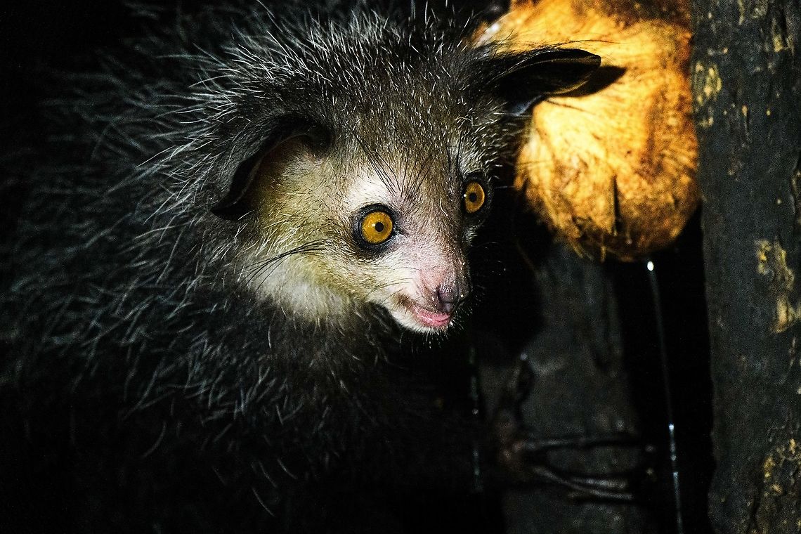 Aye-aye - 13, Palmarium, Madagascar Here it is, the Aye-Aye, the primate woodpecker, rodent, bat or &quot;heh heh&quot;, Malagasy for &quot;I don&#039;t know&quot;. <br />
<br />
&quot;I don&#039;t know&quot; is exactly the first thing that popped into my brain upon seeing it. My brain struggled to understand what it was seeing, despite having read about Aye-ayes at a basic level. It just doesn&#039;t register or fit into any boxes.<br />
<br />
My second thought was that if I would not know any better, I&#039;d go along with the local superstition that this is a demonic animal. <br />
<br />
Science didn&#039;t really know either in earlier times. This creature first was considered a rodent, based on its teeth that perpetually grow and thus must constantly be worn down. It took a long time for it to be considered a primate, and specifically a lemur.<br />
<br />
A very weird primate. Its ears are huge and have inner ridges similar to bats, optimized for echolocation, making this the only primate to use this.<br />
<br />
Echolocation comes into play when its taps its lengthy 3rd finger rapidly on tree tunks to locate insects/larvae inside. Next, it uses its strong teeth to gnawl a hole into the trunk. Finally, it uses its extremely lengthy 4th finger to rapidly pull out the contents, like a machine gun, using a special hooked nail.<br />
<br />
I had always imagined the Aye-aye to be kind of like a Koala: small, slow, and vulnerable. I was wrong at every level. It&#039;s pretty large, combined with the tail above 1m in length. It&#039;s very fast and escapes a scene in about 2 seconds. It&#039;s teeth and fingers are not careful or fragile tools, they&#039;re like power tools. <br />
<br />
The backstory: from Palmarium, on dry nights, you can take a boat to an uninhabited island. On the island live 6-8 Aye-ayes. They are typically in the canopy of a mangrove forest. Coconuts are strategically placed at a lower level to lure them down. Flash lights and camera flash are disallowed, yet when the lure action is succesful, a relatively weak area light shines on the feeding Aye-aye, which does not seem to disturb them.<br />
<br />
Photographing them is challenging due to the lack of flash and the light source being quite weak, but it can be done with some special measures.<br />
<br />
To Henriette and me, the Aye-aye was this year&#039;s trophy and a proper closure on 3 years of Madagascar, so I&#039;m going to be generous in sharing many shots of this fantastic animal. We&#039;re not done with the set though, not quite yet.<br />
<br />
<figure class="photo"><a href="https://www.jungledragon.com/image/87321/aye-aye_-_1_palmarium_madagascar.html" title="Aye-aye - 1, Palmarium, Madagascar"><img src="https://s3.amazonaws.com/media.jungledragon.com/images/2/87321_thumb.jpg?AWSAccessKeyId=05GMT0V3GWVNE7GGM1R2&Expires=1767225610&Signature=n3285XFOrU0%2B6IMTPzqs12kEoEQ%3D" width="200" height="130" alt="Aye-aye - 1, Palmarium, Madagascar Here it is, the Aye-Aye, the primate woodpecker, rodent, bat or &quot;heh heh&quot;, Malagasy for &quot;I don&#039;t know&quot;. <br />
<br />
&quot;I don&#039;t know&quot; is exactly the first thing that popped into my brain upon seeing it. My brain struggled to understand what it was seeing, despite having read about Aye-ayes at a basic level. It just doesn&#039;t register or fit into any boxes.<br />
<br />
My second thought was that if I would not know any better, I&#039;d go along with the local superstition that this is a demonic animal. <br />
<br />
Science didn&#039;t really know either in earlier times. This creature first was considered a rodent, based on its teeth that perpetually grow and thus must constantly be worn down. It took a long time for it to be considered a primate, and specifically a lemur.<br />
<br />
A very weird primate. Its ears are huge and have inner ridges similar to bats, optimized for echolocation, making this the only primate to use this.<br />
<br />
Echolocation comes into play when its taps its lengthy 3rd finger rapidly on tree tunks to locate insects/larvae inside. Next, it uses its strong teeth to gnawl a hole into the trunk. Finally, it uses its extremely lengthy 4th finger to rapidly pull out the contents, like a machine gun, using a special hooked nail.<br />
<br />
I had always imagined the Aye-aye to be kind of like a Koala: small, slow, and vulnerable. I was wrong at every level. It&#039;s pretty large, combined with the tail above 1m in length. It&#039;s very fast and escapes a scene in about 2 seconds. It&#039;s teeth and fingers are not careful or fragile tools, they&#039;re like power tools. <br />
<br />
The backstory: from Palmarium, on dry nights, you can take a boat to an uninhabited island. On the island live 6-8 Aye-ayes. They are typically in the canopy of a mangrove forest. Coconuts are strategically placed at a lower level to lure them down. Flash lights and camera flash are disallowed, yet when the lure action is succesful, a relatively weak area light shines on the feeding Aye-aye, which does not seem to disturb them.<br />
<br />
Photographing them is challenging due to the lack of flash and the light source being quite weak, but it can be done with some special measures.<br />
<br />
To Henriette and me, the Aye-aye was this year&#039;s trophy and a proper closure on 3 years of Madagascar, so I&#039;m going to be generous in sharing many shots of this fantastic animal. We&#039;re not done with the set though, not quite yet.<br />
<br />
https://www.jungledragon.com/image/87322/aye-aye_-_2_palmarium_madagascar.html<br />
https://www.jungledragon.com/image/87323/aye-aye_-_3_palmarium_madagascar.html<br />
https://www.jungledragon.com/image/87324/aye-aye_-_4_palmarium_madagascar.html<br />
https://www.jungledragon.com/image/87325/aye-aye_-_5_palmarium_madagascar.html<br />
https://www.jungledragon.com/image/87326/aye-aye_-_6_palmarium_madagascar.html<br />
https://www.jungledragon.com/image/87327/aye-aye_-_7_palmarium_madagascar.html<br />
https://www.jungledragon.com/image/87328/aye-aye_-_8_palmarium_madagascar.html<br />
https://www.jungledragon.com/image/87329/aye-aye_-_9_palmarium_madagascar.html<br />
https://www.jungledragon.com/image/87330/aye-aye_-_10_palmarium_madagascar.html<br />
https://www.jungledragon.com/image/87331/aye-aye_-_11_palmarium_madagascar.html<br />
https://www.jungledragon.com/image/87332/aye-aye_-_12_palmarium_madagascar.html<br />
https://www.jungledragon.com/image/87333/aye-aye_-_13_palmarium_madagascar.html<br />
https://www.jungledragon.com/image/87334/aye-aye_-_14_palmarium_madagascar.html<br />
https://www.jungledragon.com/image/87335/aye-aye_-_15_palmarium_madagascar.html<br />
https://www.jungledragon.com/image/87336/aye-aye_-_16_palmarium_madagascar.html<br />
https://www.jungledragon.com/image/87337/aye-aye_-_17_palmarium_madagascar.html<br />
https://www.jungledragon.com/image/87338/aye-aye_-_18_palmarium_madagascar.html<br />
https://www.jungledragon.com/image/87339/aye-aye_-_19_palmarium_madagascar.html<br />
https://www.jungledragon.com/image/87340/aye-aye_-_20_palmarium_madagascar.html<br />
<br />
https://www.youtube.com/watch?v=295rx5Dqsf4 Africa,Aye-aye,Daubentonia madagascariensis,Geotagged,Madagascar,Madagascar 2019,Palmarium reserve,Winter,World" /></a></figure><br />
<figure class="photo"><a href="https://www.jungledragon.com/image/87322/aye-aye_-_2_palmarium_madagascar.html" title="Aye-aye - 2, Palmarium, Madagascar"><img src="https://s3.amazonaws.com/media.jungledragon.com/images/2/87322_thumb.jpg?AWSAccessKeyId=05GMT0V3GWVNE7GGM1R2&Expires=1767225610&Signature=TSZzAoQxTEX%2Bgy8CrzRk%2BDMHG4s%3D" width="144" height="152" alt="Aye-aye - 2, Palmarium, Madagascar Here it is, the Aye-Aye, the primate woodpecker, rodent, bat or &quot;heh heh&quot;, Malagasy for &quot;I don&#039;t know&quot;. <br />
<br />
&quot;I don&#039;t know&quot; is exactly the first thing that popped into my brain upon seeing it. My brain struggled to understand what it was seeing, despite having read about Aye-ayes at a basic level. It just doesn&#039;t register or fit into any boxes.<br />
<br />
My second thought was that if I would not know any better, I&#039;d go along with the local superstition that this is a demonic animal. <br />
<br />
Science didn&#039;t really know either in earlier times. This creature first was considered a rodent, based on its teeth that perpetually grow and thus must constantly be worn down. It took a long time for it to be considered a primate, and specifically a lemur.<br />
<br />
A very weird primate. Its ears are huge and have inner ridges similar to bats, optimized for echolocation, making this the only primate to use this.<br />
<br />
Echolocation comes into play when its taps its lengthy 3rd finger rapidly on tree tunks to locate insects/larvae inside. Next, it uses its strong teeth to gnawl a hole into the trunk. Finally, it uses its extremely lengthy 4th finger to rapidly pull out the contents, like a machine gun, using a special hooked nail.<br />
<br />
I had always imagined the Aye-aye to be kind of like a Koala: small, slow, and vulnerable. I was wrong at every level. It&#039;s pretty large, combined with the tail above 1m in length. It&#039;s very fast and escapes a scene in about 2 seconds. It&#039;s teeth and fingers are not careful or fragile tools, they&#039;re like power tools. <br />
<br />
The backstory: from Palmarium, on dry nights, you can take a boat to an uninhabited island. On the island live 6-8 Aye-ayes. They are typically in the canopy of a mangrove forest. Coconuts are strategically placed at a lower level to lure them down. Flash lights and camera flash are disallowed, yet when the lure action is succesful, a relatively weak area light shines on the feeding Aye-aye, which does not seem to disturb them.<br />
<br />
Photographing them is challenging due to the lack of flash and the light source being quite weak, but it can be done with some special measures.<br />
<br />
To Henriette and me, the Aye-aye was this year&#039;s trophy and a proper closure on 3 years of Madagascar, so I&#039;m going to be generous in sharing many shots of this fantastic animal. We&#039;re not done with the set though, not quite yet.<br />
<br />
https://www.jungledragon.com/image/87321/aye-aye_-_1_palmarium_madagascar.html<br />
https://www.jungledragon.com/image/87323/aye-aye_-_3_palmarium_madagascar.html<br />
https://www.jungledragon.com/image/87324/aye-aye_-_4_palmarium_madagascar.html<br />
https://www.jungledragon.com/image/87325/aye-aye_-_5_palmarium_madagascar.html<br />
https://www.jungledragon.com/image/87326/aye-aye_-_6_palmarium_madagascar.html<br />
https://www.jungledragon.com/image/87327/aye-aye_-_7_palmarium_madagascar.html<br />
https://www.jungledragon.com/image/87328/aye-aye_-_8_palmarium_madagascar.html<br />
https://www.jungledragon.com/image/87329/aye-aye_-_9_palmarium_madagascar.html<br />
https://www.jungledragon.com/image/87330/aye-aye_-_10_palmarium_madagascar.html<br />
https://www.jungledragon.com/image/87331/aye-aye_-_11_palmarium_madagascar.html<br />
https://www.jungledragon.com/image/87332/aye-aye_-_12_palmarium_madagascar.html<br />
https://www.jungledragon.com/image/87333/aye-aye_-_13_palmarium_madagascar.html<br />
https://www.jungledragon.com/image/87334/aye-aye_-_14_palmarium_madagascar.html<br />
https://www.jungledragon.com/image/87335/aye-aye_-_15_palmarium_madagascar.html<br />
https://www.jungledragon.com/image/87336/aye-aye_-_16_palmarium_madagascar.html<br />
https://www.jungledragon.com/image/87337/aye-aye_-_17_palmarium_madagascar.html<br />
https://www.jungledragon.com/image/87338/aye-aye_-_18_palmarium_madagascar.html<br />
https://www.jungledragon.com/image/87339/aye-aye_-_19_palmarium_madagascar.html<br />
https://www.jungledragon.com/image/87340/aye-aye_-_20_palmarium_madagascar.html<br />
<br />
https://www.youtube.com/watch?v=295rx5Dqsf4 Africa,Aye-aye,Daubentonia madagascariensis,Geotagged,Madagascar,Madagascar 2019,Palmarium reserve,Winter,World" /></a></figure><br />
<figure class="photo"><a href="https://www.jungledragon.com/image/87323/aye-aye_-_3_palmarium_madagascar.html" title="Aye-aye - 3, Palmarium, Madagascar"><img src="https://s3.amazonaws.com/media.jungledragon.com/images/2/87323_thumb.jpg?AWSAccessKeyId=05GMT0V3GWVNE7GGM1R2&Expires=1767225610&Signature=Zx2s6T2vrIcOWuqtnzQKxRSbWQU%3D" width="124" height="152" alt="Aye-aye - 3, Palmarium, Madagascar Here it is, the Aye-Aye, the primate woodpecker, rodent, bat or &quot;heh heh&quot;, Malagasy for &quot;I don&#039;t know&quot;. <br />
<br />
&quot;I don&#039;t know&quot; is exactly the first thing that popped into my brain upon seeing it. My brain struggled to understand what it was seeing, despite having read about Aye-ayes at a basic level. It just doesn&#039;t register or fit into any boxes.<br />
<br />
My second thought was that if I would not know any better, I&#039;d go along with the local superstition that this is a demonic animal. <br />
<br />
Science didn&#039;t really know either in earlier times. This creature first was considered a rodent, based on its teeth that perpetually grow and thus must constantly be worn down. It took a long time for it to be considered a primate, and specifically a lemur.<br />
<br />
A very weird primate. Its ears are huge and have inner ridges similar to bats, optimized for echolocation, making this the only primate to use this.<br />
<br />
Echolocation comes into play when its taps its lengthy 3rd finger rapidly on tree tunks to locate insects/larvae inside. Next, it uses its strong teeth to gnawl a hole into the trunk. Finally, it uses its extremely lengthy 4th finger to rapidly pull out the contents, like a machine gun, using a special hooked nail.<br />
<br />
I had always imagined the Aye-aye to be kind of like a Koala: small, slow, and vulnerable. I was wrong at every level. It&#039;s pretty large, combined with the tail above 1m in length. It&#039;s very fast and escapes a scene in about 2 seconds. It&#039;s teeth and fingers are not careful or fragile tools, they&#039;re like power tools. <br />
<br />
The backstory: from Palmarium, on dry nights, you can take a boat to an uninhabited island. On the island live 6-8 Aye-ayes. They are typically in the canopy of a mangrove forest. Coconuts are strategically placed at a lower level to lure them down. Flash lights and camera flash are disallowed, yet when the lure action is succesful, a relatively weak area light shines on the feeding Aye-aye, which does not seem to disturb them.<br />
<br />
Photographing them is challenging due to the lack of flash and the light source being quite weak, but it can be done with some special measures.<br />
<br />
To Henriette and me, the Aye-aye was this year&#039;s trophy and a proper closure on 3 years of Madagascar, so I&#039;m going to be generous in sharing many shots of this fantastic animal. We&#039;re not done with the set though, not quite yet.<br />
<br />
https://www.jungledragon.com/image/87321/aye-aye_-_1_palmarium_madagascar.html<br />
https://www.jungledragon.com/image/87322/aye-aye_-_2_palmarium_madagascar.html<br />
https://www.jungledragon.com/image/87324/aye-aye_-_4_palmarium_madagascar.html<br />
https://www.jungledragon.com/image/87325/aye-aye_-_5_palmarium_madagascar.html<br />
https://www.jungledragon.com/image/87326/aye-aye_-_6_palmarium_madagascar.html<br />
https://www.jungledragon.com/image/87327/aye-aye_-_7_palmarium_madagascar.html<br />
https://www.jungledragon.com/image/87328/aye-aye_-_8_palmarium_madagascar.html<br />
https://www.jungledragon.com/image/87329/aye-aye_-_9_palmarium_madagascar.html<br />
https://www.jungledragon.com/image/87330/aye-aye_-_10_palmarium_madagascar.html<br />
https://www.jungledragon.com/image/87331/aye-aye_-_11_palmarium_madagascar.html<br />
https://www.jungledragon.com/image/87332/aye-aye_-_12_palmarium_madagascar.html<br />
https://www.jungledragon.com/image/87333/aye-aye_-_13_palmarium_madagascar.html<br />
https://www.jungledragon.com/image/87334/aye-aye_-_14_palmarium_madagascar.html<br />
https://www.jungledragon.com/image/87335/aye-aye_-_15_palmarium_madagascar.html<br />
https://www.jungledragon.com/image/87336/aye-aye_-_16_palmarium_madagascar.html<br />
https://www.jungledragon.com/image/87337/aye-aye_-_17_palmarium_madagascar.html<br />
https://www.jungledragon.com/image/87338/aye-aye_-_18_palmarium_madagascar.html<br />
https://www.jungledragon.com/image/87339/aye-aye_-_19_palmarium_madagascar.html<br />
https://www.jungledragon.com/image/87340/aye-aye_-_20_palmarium_madagascar.html<br />
<br />
https://www.youtube.com/watch?v=295rx5Dqsf4 Africa,Aye-aye,Daubentonia madagascariensis,Madagascar,Madagascar 2019,Palmarium reserve,World" /></a></figure><br />
<figure class="photo"><a href="https://www.jungledragon.com/image/87324/aye-aye_-_4_palmarium_madagascar.html" title="Aye-aye - 4, Palmarium, Madagascar"><img src="https://s3.amazonaws.com/media.jungledragon.com/images/2/87324_thumb.jpg?AWSAccessKeyId=05GMT0V3GWVNE7GGM1R2&Expires=1767225610&Signature=jqb30S06AR2mq6bmnNsC4YxX5YA%3D" width="200" height="166" alt="Aye-aye - 4, Palmarium, Madagascar Here it is, the Aye-Aye, the primate woodpecker, rodent, bat or &quot;heh heh&quot;, Malagasy for &quot;I don&#039;t know&quot;. <br />
<br />
&quot;I don&#039;t know&quot; is exactly the first thing that popped into my brain upon seeing it. My brain struggled to understand what it was seeing, despite having read about Aye-ayes at a basic level. It just doesn&#039;t register or fit into any boxes.<br />
<br />
My second thought was that if I would not know any better, I&#039;d go along with the local superstition that this is a demonic animal. <br />
<br />
Science didn&#039;t really know either in earlier times. This creature first was considered a rodent, based on its teeth that perpetually grow and thus must constantly be worn down. It took a long time for it to be considered a primate, and specifically a lemur.<br />
<br />
A very weird primate. Its ears are huge and have inner ridges similar to bats, optimized for echolocation, making this the only primate to use this.<br />
<br />
Echolocation comes into play when its taps its lengthy 3rd finger rapidly on tree tunks to locate insects/larvae inside. Next, it uses its strong teeth to gnawl a hole into the trunk. Finally, it uses its extremely lengthy 4th finger to rapidly pull out the contents, like a machine gun, using a special hooked nail.<br />
<br />
I had always imagined the Aye-aye to be kind of like a Koala: small, slow, and vulnerable. I was wrong at every level. It&#039;s pretty large, combined with the tail above 1m in length. It&#039;s very fast and escapes a scene in about 2 seconds. It&#039;s teeth and fingers are not careful or fragile tools, they&#039;re like power tools. <br />
<br />
The backstory: from Palmarium, on dry nights, you can take a boat to an uninhabited island. On the island live 6-8 Aye-ayes. They are typically in the canopy of a mangrove forest. Coconuts are strategically placed at a lower level to lure them down. Flash lights and camera flash are disallowed, yet when the lure action is succesful, a relatively weak area light shines on the feeding Aye-aye, which does not seem to disturb them.<br />
<br />
Photographing them is challenging due to the lack of flash and the light source being quite weak, but it can be done with some special measures.<br />
<br />
To Henriette and me, the Aye-aye was this year&#039;s trophy and a proper closure on 3 years of Madagascar, so I&#039;m going to be generous in sharing many shots of this fantastic animal. We&#039;re not done with the set though, not quite yet.<br />
<br />
https://www.jungledragon.com/image/87321/aye-aye_-_1_palmarium_madagascar.html<br />
https://www.jungledragon.com/image/87322/aye-aye_-_2_palmarium_madagascar.html<br />
https://www.jungledragon.com/image/87323/aye-aye_-_3_palmarium_madagascar.html<br />
https://www.jungledragon.com/image/87325/aye-aye_-_5_palmarium_madagascar.html<br />
https://www.jungledragon.com/image/87326/aye-aye_-_6_palmarium_madagascar.html<br />
https://www.jungledragon.com/image/87327/aye-aye_-_7_palmarium_madagascar.html<br />
https://www.jungledragon.com/image/87328/aye-aye_-_8_palmarium_madagascar.html<br />
https://www.jungledragon.com/image/87329/aye-aye_-_9_palmarium_madagascar.html<br />
https://www.jungledragon.com/image/87330/aye-aye_-_10_palmarium_madagascar.html<br />
https://www.jungledragon.com/image/87331/aye-aye_-_11_palmarium_madagascar.html<br />
https://www.jungledragon.com/image/87332/aye-aye_-_12_palmarium_madagascar.html<br />
https://www.jungledragon.com/image/87333/aye-aye_-_13_palmarium_madagascar.html<br />
https://www.jungledragon.com/image/87334/aye-aye_-_14_palmarium_madagascar.html<br />
https://www.jungledragon.com/image/87335/aye-aye_-_15_palmarium_madagascar.html<br />
https://www.jungledragon.com/image/87336/aye-aye_-_16_palmarium_madagascar.html<br />
https://www.jungledragon.com/image/87337/aye-aye_-_17_palmarium_madagascar.html<br />
https://www.jungledragon.com/image/87338/aye-aye_-_18_palmarium_madagascar.html<br />
https://www.jungledragon.com/image/87339/aye-aye_-_19_palmarium_madagascar.html<br />
https://www.jungledragon.com/image/87340/aye-aye_-_20_palmarium_madagascar.html<br />
<br />
https://www.youtube.com/watch?v=295rx5Dqsf4 Africa,Aye-aye,Daubentonia madagascariensis,Geotagged,Madagascar,Madagascar 2019,Palmarium reserve,Winter,World" /></a></figure><br />
<figure class="photo"><a href="https://www.jungledragon.com/image/87325/aye-aye_-_5_palmarium_madagascar.html" title="Aye-aye - 5, Palmarium, Madagascar"><img src="https://s3.amazonaws.com/media.jungledragon.com/images/2/87325_thumb.jpg?AWSAccessKeyId=05GMT0V3GWVNE7GGM1R2&Expires=1767225610&Signature=KnCmeRBFuWZ2RQf4P16TWNLXrU4%3D" width="200" height="134" alt="Aye-aye - 5, Palmarium, Madagascar Here it is, the Aye-Aye, the primate woodpecker, rodent, bat or &quot;heh heh&quot;, Malagasy for &quot;I don&#039;t know&quot;. <br />
<br />
&quot;I don&#039;t know&quot; is exactly the first thing that popped into my brain upon seeing it. My brain struggled to understand what it was seeing, despite having read about Aye-ayes at a basic level. It just doesn&#039;t register or fit into any boxes.<br />
<br />
My second thought was that if I would not know any better, I&#039;d go along with the local superstition that this is a demonic animal. <br />
<br />
Science didn&#039;t really know either in earlier times. This creature first was considered a rodent, based on its teeth that perpetually grow and thus must constantly be worn down. It took a long time for it to be considered a primate, and specifically a lemur.<br />
<br />
A very weird primate. Its ears are huge and have inner ridges similar to bats, optimized for echolocation, making this the only primate to use this.<br />
<br />
Echolocation comes into play when its taps its lengthy 3rd finger rapidly on tree tunks to locate insects/larvae inside. Next, it uses its strong teeth to gnawl a hole into the trunk. Finally, it uses its extremely lengthy 4th finger to rapidly pull out the contents, like a machine gun, using a special hooked nail.<br />
<br />
I had always imagined the Aye-aye to be kind of like a Koala: small, slow, and vulnerable. I was wrong at every level. It&#039;s pretty large, combined with the tail above 1m in length. It&#039;s very fast and escapes a scene in about 2 seconds. It&#039;s teeth and fingers are not careful or fragile tools, they&#039;re like power tools. <br />
<br />
The backstory: from Palmarium, on dry nights, you can take a boat to an uninhabited island. On the island live 6-8 Aye-ayes. They are typically in the canopy of a mangrove forest. Coconuts are strategically placed at a lower level to lure them down. Flash lights and camera flash are disallowed, yet when the lure action is succesful, a relatively weak area light shines on the feeding Aye-aye, which does not seem to disturb them.<br />
<br />
Photographing them is challenging due to the lack of flash and the light source being quite weak, but it can be done with some special measures.<br />
<br />
To Henriette and me, the Aye-aye was this year&#039;s trophy and a proper closure on 3 years of Madagascar, so I&#039;m going to be generous in sharing many shots of this fantastic animal. We&#039;re not done with the set though, not quite yet.<br />
<br />
https://www.jungledragon.com/image/87321/aye-aye_-_1_palmarium_madagascar.html<br />
https://www.jungledragon.com/image/87322/aye-aye_-_2_palmarium_madagascar.html<br />
https://www.jungledragon.com/image/87323/aye-aye_-_3_palmarium_madagascar.html<br />
https://www.jungledragon.com/image/87324/aye-aye_-_4_palmarium_madagascar.html<br />
https://www.jungledragon.com/image/87326/aye-aye_-_6_palmarium_madagascar.html<br />
https://www.jungledragon.com/image/87327/aye-aye_-_7_palmarium_madagascar.html<br />
https://www.jungledragon.com/image/87328/aye-aye_-_8_palmarium_madagascar.html<br />
https://www.jungledragon.com/image/87329/aye-aye_-_9_palmarium_madagascar.html<br />
https://www.jungledragon.com/image/87330/aye-aye_-_10_palmarium_madagascar.html<br />
https://www.jungledragon.com/image/87331/aye-aye_-_11_palmarium_madagascar.html<br />
https://www.jungledragon.com/image/87332/aye-aye_-_12_palmarium_madagascar.html<br />
https://www.jungledragon.com/image/87333/aye-aye_-_13_palmarium_madagascar.html<br />
https://www.jungledragon.com/image/87334/aye-aye_-_14_palmarium_madagascar.html<br />
https://www.jungledragon.com/image/87335/aye-aye_-_15_palmarium_madagascar.html<br />
https://www.jungledragon.com/image/87336/aye-aye_-_16_palmarium_madagascar.html<br />
https://www.jungledragon.com/image/87337/aye-aye_-_17_palmarium_madagascar.html<br />
https://www.jungledragon.com/image/87338/aye-aye_-_18_palmarium_madagascar.html<br />
https://www.jungledragon.com/image/87339/aye-aye_-_19_palmarium_madagascar.html<br />
https://www.jungledragon.com/image/87340/aye-aye_-_20_palmarium_madagascar.html<br />
<br />
https://www.youtube.com/watch?v=295rx5Dqsf4 Africa,Aye-aye,Daubentonia madagascariensis,Geotagged,Madagascar,Madagascar 2019,Palmarium reserve,Winter,World" /></a></figure><br />
<figure class="photo"><a href="https://www.jungledragon.com/image/87326/aye-aye_-_6_palmarium_madagascar.html" title="Aye-aye - 6, Palmarium, Madagascar"><img src="https://s3.amazonaws.com/media.jungledragon.com/images/2/87326_thumb.jpg?AWSAccessKeyId=05GMT0V3GWVNE7GGM1R2&Expires=1767225610&Signature=9ucdwV9GdGa3LNpC1Hy7YGAMkw8%3D" width="102" height="152" alt="Aye-aye - 6, Palmarium, Madagascar Here it is, the Aye-Aye, the primate woodpecker, rodent, bat or &quot;heh heh&quot;, Malagasy for &quot;I don&#039;t know&quot;. <br />
<br />
&quot;I don&#039;t know&quot; is exactly the first thing that popped into my brain upon seeing it. My brain struggled to understand what it was seeing, despite having read about Aye-ayes at a basic level. It just doesn&#039;t register or fit into any boxes.<br />
<br />
My second thought was that if I would not know any better, I&#039;d go along with the local superstition that this is a demonic animal. <br />
<br />
Science didn&#039;t really know either in earlier times. This creature first was considered a rodent, based on its teeth that perpetually grow and thus must constantly be worn down. It took a long time for it to be considered a primate, and specifically a lemur.<br />
<br />
A very weird primate. Its ears are huge and have inner ridges similar to bats, optimized for echolocation, making this the only primate to use this.<br />
<br />
Echolocation comes into play when its taps its lengthy 3rd finger rapidly on tree tunks to locate insects/larvae inside. Next, it uses its strong teeth to gnawl a hole into the trunk. Finally, it uses its extremely lengthy 4th finger to rapidly pull out the contents, like a machine gun, using a special hooked nail.<br />
<br />
I had always imagined the Aye-aye to be kind of like a Koala: small, slow, and vulnerable. I was wrong at every level. It&#039;s pretty large, combined with the tail above 1m in length. It&#039;s very fast and escapes a scene in about 2 seconds. It&#039;s teeth and fingers are not careful or fragile tools, they&#039;re like power tools. <br />
<br />
The backstory: from Palmarium, on dry nights, you can take a boat to an uninhabited island. On the island live 6-8 Aye-ayes. They are typically in the canopy of a mangrove forest. Coconuts are strategically placed at a lower level to lure them down. Flash lights and camera flash are disallowed, yet when the lure action is succesful, a relatively weak area light shines on the feeding Aye-aye, which does not seem to disturb them.<br />
<br />
Photographing them is challenging due to the lack of flash and the light source being quite weak, but it can be done with some special measures.<br />
<br />
To Henriette and me, the Aye-aye was this year&#039;s trophy and a proper closure on 3 years of Madagascar, so I&#039;m going to be generous in sharing many shots of this fantastic animal. We&#039;re not done with the set though, not quite yet.<br />
<br />
https://www.jungledragon.com/image/87321/aye-aye_-_1_palmarium_madagascar.html<br />
https://www.jungledragon.com/image/87322/aye-aye_-_2_palmarium_madagascar.html<br />
https://www.jungledragon.com/image/87323/aye-aye_-_3_palmarium_madagascar.html<br />
https://www.jungledragon.com/image/87324/aye-aye_-_4_palmarium_madagascar.html<br />
https://www.jungledragon.com/image/87325/aye-aye_-_5_palmarium_madagascar.html<br />
https://www.jungledragon.com/image/87327/aye-aye_-_7_palmarium_madagascar.html<br />
https://www.jungledragon.com/image/87328/aye-aye_-_8_palmarium_madagascar.html<br />
https://www.jungledragon.com/image/87329/aye-aye_-_9_palmarium_madagascar.html<br />
https://www.jungledragon.com/image/87330/aye-aye_-_10_palmarium_madagascar.html<br />
https://www.jungledragon.com/image/87331/aye-aye_-_11_palmarium_madagascar.html<br />
https://www.jungledragon.com/image/87332/aye-aye_-_12_palmarium_madagascar.html<br />
https://www.jungledragon.com/image/87333/aye-aye_-_13_palmarium_madagascar.html<br />
https://www.jungledragon.com/image/87334/aye-aye_-_14_palmarium_madagascar.html<br />
https://www.jungledragon.com/image/87335/aye-aye_-_15_palmarium_madagascar.html<br />
https://www.jungledragon.com/image/87336/aye-aye_-_16_palmarium_madagascar.html<br />
https://www.jungledragon.com/image/87337/aye-aye_-_17_palmarium_madagascar.html<br />
https://www.jungledragon.com/image/87338/aye-aye_-_18_palmarium_madagascar.html<br />
https://www.jungledragon.com/image/87339/aye-aye_-_19_palmarium_madagascar.html<br />
https://www.jungledragon.com/image/87340/aye-aye_-_20_palmarium_madagascar.html<br />
<br />
https://www.youtube.com/watch?v=295rx5Dqsf4 Africa,Aye-aye,Daubentonia madagascariensis,Geotagged,Madagascar,Madagascar 2019,Palmarium reserve,Winter,World" /></a></figure><br />
<figure class="photo"><a href="https://www.jungledragon.com/image/87327/aye-aye_-_7_palmarium_madagascar.html" title="Aye-aye - 7, Palmarium, Madagascar"><img src="https://s3.amazonaws.com/media.jungledragon.com/images/2/87327_thumb.jpg?AWSAccessKeyId=05GMT0V3GWVNE7GGM1R2&Expires=1767225610&Signature=EzM3qXuJGEZKSZZ12zPVQBzi88c%3D" width="200" height="170" alt="Aye-aye - 7, Palmarium, Madagascar Here it is, the Aye-Aye, the primate woodpecker, rodent, bat or &quot;heh heh&quot;, Malagasy for &quot;I don&#039;t know&quot;. <br />
<br />
&quot;I don&#039;t know&quot; is exactly the first thing that popped into my brain upon seeing it. My brain struggled to understand what it was seeing, despite having read about Aye-ayes at a basic level. It just doesn&#039;t register or fit into any boxes.<br />
<br />
My second thought was that if I would not know any better, I&#039;d go along with the local superstition that this is a demonic animal. <br />
<br />
Science didn&#039;t really know either in earlier times. This creature first was considered a rodent, based on its teeth that perpetually grow and thus must constantly be worn down. It took a long time for it to be considered a primate, and specifically a lemur.<br />
<br />
A very weird primate. Its ears are huge and have inner ridges similar to bats, optimized for echolocation, making this the only primate to use this.<br />
<br />
Echolocation comes into play when its taps its lengthy 3rd finger rapidly on tree tunks to locate insects/larvae inside. Next, it uses its strong teeth to gnawl a hole into the trunk. Finally, it uses its extremely lengthy 4th finger to rapidly pull out the contents, like a machine gun, using a special hooked nail.<br />
<br />
I had always imagined the Aye-aye to be kind of like a Koala: small, slow, and vulnerable. I was wrong at every level. It&#039;s pretty large, combined with the tail above 1m in length. It&#039;s very fast and escapes a scene in about 2 seconds. It&#039;s teeth and fingers are not careful or fragile tools, they&#039;re like power tools. <br />
<br />
The backstory: from Palmarium, on dry nights, you can take a boat to an uninhabited island. On the island live 6-8 Aye-ayes. They are typically in the canopy of a mangrove forest. Coconuts are strategically placed at a lower level to lure them down. Flash lights and camera flash are disallowed, yet when the lure action is succesful, a relatively weak area light shines on the feeding Aye-aye, which does not seem to disturb them.<br />
<br />
Photographing them is challenging due to the lack of flash and the light source being quite weak, but it can be done with some special measures.<br />
<br />
To Henriette and me, the Aye-aye was this year&#039;s trophy and a proper closure on 3 years of Madagascar, so I&#039;m going to be generous in sharing many shots of this fantastic animal. We&#039;re not done with the set though, not quite yet.<br />
<br />
https://www.jungledragon.com/image/87321/aye-aye_-_1_palmarium_madagascar.html<br />
https://www.jungledragon.com/image/87322/aye-aye_-_2_palmarium_madagascar.html<br />
https://www.jungledragon.com/image/87323/aye-aye_-_3_palmarium_madagascar.html<br />
https://www.jungledragon.com/image/87324/aye-aye_-_4_palmarium_madagascar.html<br />
https://www.jungledragon.com/image/87325/aye-aye_-_5_palmarium_madagascar.html<br />
https://www.jungledragon.com/image/87326/aye-aye_-_6_palmarium_madagascar.html<br />
https://www.jungledragon.com/image/87328/aye-aye_-_8_palmarium_madagascar.html<br />
https://www.jungledragon.com/image/87329/aye-aye_-_9_palmarium_madagascar.html<br />
https://www.jungledragon.com/image/87330/aye-aye_-_10_palmarium_madagascar.html<br />
https://www.jungledragon.com/image/87331/aye-aye_-_11_palmarium_madagascar.html<br />
https://www.jungledragon.com/image/87332/aye-aye_-_12_palmarium_madagascar.html<br />
https://www.jungledragon.com/image/87333/aye-aye_-_13_palmarium_madagascar.html<br />
https://www.jungledragon.com/image/87334/aye-aye_-_14_palmarium_madagascar.html<br />
https://www.jungledragon.com/image/87335/aye-aye_-_15_palmarium_madagascar.html<br />
https://www.jungledragon.com/image/87336/aye-aye_-_16_palmarium_madagascar.html<br />
https://www.jungledragon.com/image/87337/aye-aye_-_17_palmarium_madagascar.html<br />
https://www.jungledragon.com/image/87338/aye-aye_-_18_palmarium_madagascar.html<br />
https://www.jungledragon.com/image/87339/aye-aye_-_19_palmarium_madagascar.html<br />
https://www.jungledragon.com/image/87340/aye-aye_-_20_palmarium_madagascar.html<br />
<br />
https://www.youtube.com/watch?v=295rx5Dqsf4 Africa,Aye-aye,Daubentonia madagascariensis,Geotagged,Madagascar,Madagascar 2019,Palmarium reserve,Winter,World" /></a></figure><br />
<figure class="photo"><a href="https://www.jungledragon.com/image/87328/aye-aye_-_8_palmarium_madagascar.html" title="Aye-aye - 8, Palmarium, Madagascar"><img src="https://s3.amazonaws.com/media.jungledragon.com/images/2/87328_thumb.jpg?AWSAccessKeyId=05GMT0V3GWVNE7GGM1R2&Expires=1767225610&Signature=O5u5aU7kBoileSqBY64lGFyYI4g%3D" width="126" height="152" alt="Aye-aye - 8, Palmarium, Madagascar Here it is, the Aye-Aye, the primate woodpecker, rodent, bat or &quot;heh heh&quot;, Malagasy for &quot;I don&#039;t know&quot;. <br />
<br />
&quot;I don&#039;t know&quot; is exactly the first thing that popped into my brain upon seeing it. My brain struggled to understand what it was seeing, despite having read about Aye-ayes at a basic level. It just doesn&#039;t register or fit into any boxes.<br />
<br />
My second thought was that if I would not know any better, I&#039;d go along with the local superstition that this is a demonic animal. <br />
<br />
Science didn&#039;t really know either in earlier times. This creature first was considered a rodent, based on its teeth that perpetually grow and thus must constantly be worn down. It took a long time for it to be considered a primate, and specifically a lemur.<br />
<br />
A very weird primate. Its ears are huge and have inner ridges similar to bats, optimized for echolocation, making this the only primate to use this.<br />
<br />
Echolocation comes into play when its taps its lengthy 3rd finger rapidly on tree tunks to locate insects/larvae inside. Next, it uses its strong teeth to gnawl a hole into the trunk. Finally, it uses its extremely lengthy 4th finger to rapidly pull out the contents, like a machine gun, using a special hooked nail.<br />
<br />
I had always imagined the Aye-aye to be kind of like a Koala: small, slow, and vulnerable. I was wrong at every level. It&#039;s pretty large, combined with the tail above 1m in length. It&#039;s very fast and escapes a scene in about 2 seconds. It&#039;s teeth and fingers are not careful or fragile tools, they&#039;re like power tools. <br />
<br />
The backstory: from Palmarium, on dry nights, you can take a boat to an uninhabited island. On the island live 6-8 Aye-ayes. They are typically in the canopy of a mangrove forest. Coconuts are strategically placed at a lower level to lure them down. Flash lights and camera flash are disallowed, yet when the lure action is succesful, a relatively weak area light shines on the feeding Aye-aye, which does not seem to disturb them.<br />
<br />
Photographing them is challenging due to the lack of flash and the light source being quite weak, but it can be done with some special measures.<br />
<br />
To Henriette and me, the Aye-aye was this year&#039;s trophy and a proper closure on 3 years of Madagascar, so I&#039;m going to be generous in sharing many shots of this fantastic animal. We&#039;re not done with the set though, not quite yet.<br />
<br />
https://www.jungledragon.com/image/87321/aye-aye_-_1_palmarium_madagascar.html<br />
https://www.jungledragon.com/image/87322/aye-aye_-_2_palmarium_madagascar.html<br />
https://www.jungledragon.com/image/87323/aye-aye_-_3_palmarium_madagascar.html<br />
https://www.jungledragon.com/image/87324/aye-aye_-_4_palmarium_madagascar.html<br />
https://www.jungledragon.com/image/87325/aye-aye_-_5_palmarium_madagascar.html<br />
https://www.jungledragon.com/image/87326/aye-aye_-_6_palmarium_madagascar.html<br />
https://www.jungledragon.com/image/87327/aye-aye_-_7_palmarium_madagascar.html<br />
https://www.jungledragon.com/image/87329/aye-aye_-_9_palmarium_madagascar.html<br />
https://www.jungledragon.com/image/87330/aye-aye_-_10_palmarium_madagascar.html<br />
https://www.jungledragon.com/image/87331/aye-aye_-_11_palmarium_madagascar.html<br />
https://www.jungledragon.com/image/87332/aye-aye_-_12_palmarium_madagascar.html<br />
https://www.jungledragon.com/image/87333/aye-aye_-_13_palmarium_madagascar.html<br />
https://www.jungledragon.com/image/87334/aye-aye_-_14_palmarium_madagascar.html<br />
https://www.jungledragon.com/image/87335/aye-aye_-_15_palmarium_madagascar.html<br />
https://www.jungledragon.com/image/87336/aye-aye_-_16_palmarium_madagascar.html<br />
https://www.jungledragon.com/image/87337/aye-aye_-_17_palmarium_madagascar.html<br />
https://www.jungledragon.com/image/87338/aye-aye_-_18_palmarium_madagascar.html<br />
https://www.jungledragon.com/image/87339/aye-aye_-_19_palmarium_madagascar.html<br />
https://www.jungledragon.com/image/87340/aye-aye_-_20_palmarium_madagascar.html<br />
<br />
https://www.youtube.com/watch?v=295rx5Dqsf4 Africa,Aye-aye,Daubentonia madagascariensis,Geotagged,Madagascar,Madagascar 2019,Palmarium reserve,Winter,World" /></a></figure><br />
<figure class="photo"><a href="https://www.jungledragon.com/image/87329/aye-aye_-_9_palmarium_madagascar.html" title="Aye-aye - 9, Palmarium, Madagascar"><img src="https://s3.amazonaws.com/media.jungledragon.com/images/2/87329_thumb.jpg?AWSAccessKeyId=05GMT0V3GWVNE7GGM1R2&Expires=1767225610&Signature=Dxoqyd9fQgEGkTmtM4OndiWyvB4%3D" width="200" height="172" alt="Aye-aye - 9, Palmarium, Madagascar Here it is, the Aye-Aye, the primate woodpecker, rodent, bat or &quot;heh heh&quot;, Malagasy for &quot;I don&#039;t know&quot;. <br />
<br />
&quot;I don&#039;t know&quot; is exactly the first thing that popped into my brain upon seeing it. My brain struggled to understand what it was seeing, despite having read about Aye-ayes at a basic level. It just doesn&#039;t register or fit into any boxes.<br />
<br />
My second thought was that if I would not know any better, I&#039;d go along with the local superstition that this is a demonic animal. <br />
<br />
Science didn&#039;t really know either in earlier times. This creature first was considered a rodent, based on its teeth that perpetually grow and thus must constantly be worn down. It took a long time for it to be considered a primate, and specifically a lemur.<br />
<br />
A very weird primate. Its ears are huge and have inner ridges similar to bats, optimized for echolocation, making this the only primate to use this.<br />
<br />
Echolocation comes into play when its taps its lengthy 3rd finger rapidly on tree tunks to locate insects/larvae inside. Next, it uses its strong teeth to gnawl a hole into the trunk. Finally, it uses its extremely lengthy 4th finger to rapidly pull out the contents, like a machine gun, using a special hooked nail.<br />
<br />
I had always imagined the Aye-aye to be kind of like a Koala: small, slow, and vulnerable. I was wrong at every level. It&#039;s pretty large, combined with the tail above 1m in length. It&#039;s very fast and escapes a scene in about 2 seconds. It&#039;s teeth and fingers are not careful or fragile tools, they&#039;re like power tools. <br />
<br />
The backstory: from Palmarium, on dry nights, you can take a boat to an uninhabited island. On the island live 6-8 Aye-ayes. They are typically in the canopy of a mangrove forest. Coconuts are strategically placed at a lower level to lure them down. Flash lights and camera flash are disallowed, yet when the lure action is succesful, a relatively weak area light shines on the feeding Aye-aye, which does not seem to disturb them.<br />
<br />
Photographing them is challenging due to the lack of flash and the light source being quite weak, but it can be done with some special measures.<br />
<br />
To Henriette and me, the Aye-aye was this year&#039;s trophy and a proper closure on 3 years of Madagascar, so I&#039;m going to be generous in sharing many shots of this fantastic animal. We&#039;re not done with the set though, not quite yet.<br />
<br />
https://www.jungledragon.com/image/87321/aye-aye_-_1_palmarium_madagascar.html<br />
https://www.jungledragon.com/image/87322/aye-aye_-_2_palmarium_madagascar.html<br />
https://www.jungledragon.com/image/87323/aye-aye_-_3_palmarium_madagascar.html<br />
https://www.jungledragon.com/image/87324/aye-aye_-_4_palmarium_madagascar.html<br />
https://www.jungledragon.com/image/87325/aye-aye_-_5_palmarium_madagascar.html<br />
https://www.jungledragon.com/image/87326/aye-aye_-_6_palmarium_madagascar.html<br />
https://www.jungledragon.com/image/87327/aye-aye_-_7_palmarium_madagascar.html<br />
https://www.jungledragon.com/image/87328/aye-aye_-_8_palmarium_madagascar.html<br />
https://www.jungledragon.com/image/87330/aye-aye_-_10_palmarium_madagascar.html<br />
https://www.jungledragon.com/image/87331/aye-aye_-_11_palmarium_madagascar.html<br />
https://www.jungledragon.com/image/87332/aye-aye_-_12_palmarium_madagascar.html<br />
https://www.jungledragon.com/image/87333/aye-aye_-_13_palmarium_madagascar.html<br />
https://www.jungledragon.com/image/87334/aye-aye_-_14_palmarium_madagascar.html<br />
https://www.jungledragon.com/image/87335/aye-aye_-_15_palmarium_madagascar.html<br />
https://www.jungledragon.com/image/87336/aye-aye_-_16_palmarium_madagascar.html<br />
https://www.jungledragon.com/image/87337/aye-aye_-_17_palmarium_madagascar.html<br />
https://www.jungledragon.com/image/87338/aye-aye_-_18_palmarium_madagascar.html<br />
https://www.jungledragon.com/image/87339/aye-aye_-_19_palmarium_madagascar.html<br />
https://www.jungledragon.com/image/87340/aye-aye_-_20_palmarium_madagascar.html<br />
<br />
https://www.youtube.com/watch?v=295rx5Dqsf4 Africa,Aye-aye,Daubentonia madagascariensis,Geotagged,Madagascar,Madagascar 2019,Palmarium reserve,Winter,World" /></a></figure><br />
<figure class="photo"><a href="https://www.jungledragon.com/image/87330/aye-aye_-_10_palmarium_madagascar.html" title="Aye-aye - 10, Palmarium, Madagascar"><img src="https://s3.amazonaws.com/media.jungledragon.com/images/2/87330_thumb.jpg?AWSAccessKeyId=05GMT0V3GWVNE7GGM1R2&Expires=1767225610&Signature=RFNqXJCwmQs9PsC1bEbLY0dDqp8%3D" width="200" height="114" alt="Aye-aye - 10, Palmarium, Madagascar Here it is, the Aye-Aye, the primate woodpecker, rodent, bat or &quot;heh heh&quot;, Malagasy for &quot;I don&#039;t know&quot;. <br />
<br />
&quot;I don&#039;t know&quot; is exactly the first thing that popped into my brain upon seeing it. My brain struggled to understand what it was seeing, despite having read about Aye-ayes at a basic level. It just doesn&#039;t register or fit into any boxes.<br />
<br />
My second thought was that if I would not know any better, I&#039;d go along with the local superstition that this is a demonic animal. <br />
<br />
Science didn&#039;t really know either in earlier times. This creature first was considered a rodent, based on its teeth that perpetually grow and thus must constantly be worn down. It took a long time for it to be considered a primate, and specifically a lemur.<br />
<br />
A very weird primate. Its ears are huge and have inner ridges similar to bats, optimized for echolocation, making this the only primate to use this.<br />
<br />
Echolocation comes into play when its taps its lengthy 3rd finger rapidly on tree tunks to locate insects/larvae inside. Next, it uses its strong teeth to gnawl a hole into the trunk. Finally, it uses its extremely lengthy 4th finger to rapidly pull out the contents, like a machine gun, using a special hooked nail.<br />
<br />
I had always imagined the Aye-aye to be kind of like a Koala: small, slow, and vulnerable. I was wrong at every level. It&#039;s pretty large, combined with the tail above 1m in length. It&#039;s very fast and escapes a scene in about 2 seconds. It&#039;s teeth and fingers are not careful or fragile tools, they&#039;re like power tools. <br />
<br />
The backstory: from Palmarium, on dry nights, you can take a boat to an uninhabited island. On the island live 6-8 Aye-ayes. They are typically in the canopy of a mangrove forest. Coconuts are strategically placed at a lower level to lure them down. Flash lights and camera flash are disallowed, yet when the lure action is succesful, a relatively weak area light shines on the feeding Aye-aye, which does not seem to disturb them.<br />
<br />
Photographing them is challenging due to the lack of flash and the light source being quite weak, but it can be done with some special measures.<br />
<br />
To Henriette and me, the Aye-aye was this year&#039;s trophy and a proper closure on 3 years of Madagascar, so I&#039;m going to be generous in sharing many shots of this fantastic animal. We&#039;re not done with the set though, not quite yet.<br />
<br />
https://www.jungledragon.com/image/87321/aye-aye_-_1_palmarium_madagascar.html<br />
https://www.jungledragon.com/image/87322/aye-aye_-_2_palmarium_madagascar.html<br />
https://www.jungledragon.com/image/87323/aye-aye_-_3_palmarium_madagascar.html<br />
https://www.jungledragon.com/image/87324/aye-aye_-_4_palmarium_madagascar.html<br />
https://www.jungledragon.com/image/87325/aye-aye_-_5_palmarium_madagascar.html<br />
https://www.jungledragon.com/image/87326/aye-aye_-_6_palmarium_madagascar.html<br />
https://www.jungledragon.com/image/87327/aye-aye_-_7_palmarium_madagascar.html<br />
https://www.jungledragon.com/image/87328/aye-aye_-_8_palmarium_madagascar.html<br />
https://www.jungledragon.com/image/87329/aye-aye_-_9_palmarium_madagascar.html<br />
https://www.jungledragon.com/image/87331/aye-aye_-_11_palmarium_madagascar.html<br />
https://www.jungledragon.com/image/87332/aye-aye_-_12_palmarium_madagascar.html<br />
https://www.jungledragon.com/image/87333/aye-aye_-_13_palmarium_madagascar.html<br />
https://www.jungledragon.com/image/87334/aye-aye_-_14_palmarium_madagascar.html<br />
https://www.jungledragon.com/image/87335/aye-aye_-_15_palmarium_madagascar.html<br />
https://www.jungledragon.com/image/87336/aye-aye_-_16_palmarium_madagascar.html<br />
https://www.jungledragon.com/image/87337/aye-aye_-_17_palmarium_madagascar.html<br />
https://www.jungledragon.com/image/87338/aye-aye_-_18_palmarium_madagascar.html<br />
https://www.jungledragon.com/image/87339/aye-aye_-_19_palmarium_madagascar.html<br />
https://www.jungledragon.com/image/87340/aye-aye_-_20_palmarium_madagascar.html<br />
<br />
https://www.youtube.com/watch?v=295rx5Dqsf4 Africa,Aye-aye,Daubentonia madagascariensis,Geotagged,Madagascar,Madagascar 2019,Palmarium reserve,Winter,World" /></a></figure><br />
<figure class="photo"><a href="https://www.jungledragon.com/image/87331/aye-aye_-_11_palmarium_madagascar.html" title="Aye-aye - 11, Palmarium, Madagascar"><img src="https://s3.amazonaws.com/media.jungledragon.com/images/2/87331_thumb.jpg?AWSAccessKeyId=05GMT0V3GWVNE7GGM1R2&Expires=1767225610&Signature=SJHNzfGY4QeKkLvswixlaN1Cgu0%3D" width="152" height="152" alt="Aye-aye - 11, Palmarium, Madagascar Here it is, the Aye-Aye, the primate woodpecker, rodent, bat or &quot;heh heh&quot;, Malagasy for &quot;I don&#039;t know&quot;. <br />
<br />
&quot;I don&#039;t know&quot; is exactly the first thing that popped into my brain upon seeing it. My brain struggled to understand what it was seeing, despite having read about Aye-ayes at a basic level. It just doesn&#039;t register or fit into any boxes.<br />
<br />
My second thought was that if I would not know any better, I&#039;d go along with the local superstition that this is a demonic animal. <br />
<br />
Science didn&#039;t really know either in earlier times. This creature first was considered a rodent, based on its teeth that perpetually grow and thus must constantly be worn down. It took a long time for it to be considered a primate, and specifically a lemur.<br />
<br />
A very weird primate. Its ears are huge and have inner ridges similar to bats, optimized for echolocation, making this the only primate to use this.<br />
<br />
Echolocation comes into play when its taps its lengthy 3rd finger rapidly on tree tunks to locate insects/larvae inside. Next, it uses its strong teeth to gnawl a hole into the trunk. Finally, it uses its extremely lengthy 4th finger to rapidly pull out the contents, like a machine gun, using a special hooked nail.<br />
<br />
I had always imagined the Aye-aye to be kind of like a Koala: small, slow, and vulnerable. I was wrong at every level. It&#039;s pretty large, combined with the tail above 1m in length. It&#039;s very fast and escapes a scene in about 2 seconds. It&#039;s teeth and fingers are not careful or fragile tools, they&#039;re like power tools. <br />
<br />
The backstory: from Palmarium, on dry nights, you can take a boat to an uninhabited island. On the island live 6-8 Aye-ayes. They are typically in the canopy of a mangrove forest. Coconuts are strategically placed at a lower level to lure them down. Flash lights and camera flash are disallowed, yet when the lure action is succesful, a relatively weak area light shines on the feeding Aye-aye, which does not seem to disturb them.<br />
<br />
Photographing them is challenging due to the lack of flash and the light source being quite weak, but it can be done with some special measures.<br />
<br />
To Henriette and me, the Aye-aye was this year&#039;s trophy and a proper closure on 3 years of Madagascar, so I&#039;m going to be generous in sharing many shots of this fantastic animal. We&#039;re not done with the set though, not quite yet.<br />
<br />
https://www.jungledragon.com/image/87321/aye-aye_-_1_palmarium_madagascar.html<br />
https://www.jungledragon.com/image/87322/aye-aye_-_2_palmarium_madagascar.html<br />
https://www.jungledragon.com/image/87323/aye-aye_-_3_palmarium_madagascar.html<br />
https://www.jungledragon.com/image/87324/aye-aye_-_4_palmarium_madagascar.html<br />
https://www.jungledragon.com/image/87325/aye-aye_-_5_palmarium_madagascar.html<br />
https://www.jungledragon.com/image/87326/aye-aye_-_6_palmarium_madagascar.html<br />
https://www.jungledragon.com/image/87327/aye-aye_-_7_palmarium_madagascar.html<br />
https://www.jungledragon.com/image/87328/aye-aye_-_8_palmarium_madagascar.html<br />
https://www.jungledragon.com/image/87329/aye-aye_-_9_palmarium_madagascar.html<br />
https://www.jungledragon.com/image/87330/aye-aye_-_10_palmarium_madagascar.html<br />
https://www.jungledragon.com/image/87332/aye-aye_-_12_palmarium_madagascar.html<br />
https://www.jungledragon.com/image/87333/aye-aye_-_13_palmarium_madagascar.html<br />
https://www.jungledragon.com/image/87334/aye-aye_-_14_palmarium_madagascar.html<br />
https://www.jungledragon.com/image/87335/aye-aye_-_15_palmarium_madagascar.html<br />
https://www.jungledragon.com/image/87336/aye-aye_-_16_palmarium_madagascar.html<br />
https://www.jungledragon.com/image/87337/aye-aye_-_17_palmarium_madagascar.html<br />
https://www.jungledragon.com/image/87338/aye-aye_-_18_palmarium_madagascar.html<br />
https://www.jungledragon.com/image/87339/aye-aye_-_19_palmarium_madagascar.html<br />
https://www.jungledragon.com/image/87340/aye-aye_-_20_palmarium_madagascar.html<br />
<br />
https://www.youtube.com/watch?v=295rx5Dqsf4 Africa,Aye-aye,Daubentonia madagascariensis,Geotagged,Madagascar,Madagascar 2019,Palmarium reserve,Winter,World" /></a></figure><br />
<figure class="photo"><a href="https://www.jungledragon.com/image/87332/aye-aye_-_12_palmarium_madagascar.html" title="Aye-aye - 12, Palmarium, Madagascar"><img src="https://s3.amazonaws.com/media.jungledragon.com/images/2/87332_thumb.jpg?AWSAccessKeyId=05GMT0V3GWVNE7GGM1R2&Expires=1767225610&Signature=HA3FgNIT3%2FrnNQ470dhDvTEyZbE%3D" width="200" height="168" alt="Aye-aye - 12, Palmarium, Madagascar Here it is, the Aye-Aye, the primate woodpecker, rodent, bat or &quot;heh heh&quot;, Malagasy for &quot;I don&#039;t know&quot;. <br />
<br />
&quot;I don&#039;t know&quot; is exactly the first thing that popped into my brain upon seeing it. My brain struggled to understand what it was seeing, despite having read about Aye-ayes at a basic level. It just doesn&#039;t register or fit into any boxes.<br />
<br />
My second thought was that if I would not know any better, I&#039;d go along with the local superstition that this is a demonic animal. <br />
<br />
Science didn&#039;t really know either in earlier times. This creature first was considered a rodent, based on its teeth that perpetually grow and thus must constantly be worn down. It took a long time for it to be considered a primate, and specifically a lemur.<br />
<br />
A very weird primate. Its ears are huge and have inner ridges similar to bats, optimized for echolocation, making this the only primate to use this.<br />
<br />
Echolocation comes into play when its taps its lengthy 3rd finger rapidly on tree tunks to locate insects/larvae inside. Next, it uses its strong teeth to gnawl a hole into the trunk. Finally, it uses its extremely lengthy 4th finger to rapidly pull out the contents, like a machine gun, using a special hooked nail.<br />
<br />
I had always imagined the Aye-aye to be kind of like a Koala: small, slow, and vulnerable. I was wrong at every level. It&#039;s pretty large, combined with the tail above 1m in length. It&#039;s very fast and escapes a scene in about 2 seconds. It&#039;s teeth and fingers are not careful or fragile tools, they&#039;re like power tools. <br />
<br />
The backstory: from Palmarium, on dry nights, you can take a boat to an uninhabited island. On the island live 6-8 Aye-ayes. They are typically in the canopy of a mangrove forest. Coconuts are strategically placed at a lower level to lure them down. Flash lights and camera flash are disallowed, yet when the lure action is succesful, a relatively weak area light shines on the feeding Aye-aye, which does not seem to disturb them.<br />
<br />
Photographing them is challenging due to the lack of flash and the light source being quite weak, but it can be done with some special measures.<br />
<br />
To Henriette and me, the Aye-aye was this year&#039;s trophy and a proper closure on 3 years of Madagascar, so I&#039;m going to be generous in sharing many shots of this fantastic animal. We&#039;re not done with the set though, not quite yet.<br />
<br />
https://www.jungledragon.com/image/87321/aye-aye_-_1_palmarium_madagascar.html<br />
https://www.jungledragon.com/image/87322/aye-aye_-_2_palmarium_madagascar.html<br />
https://www.jungledragon.com/image/87323/aye-aye_-_3_palmarium_madagascar.html<br />
https://www.jungledragon.com/image/87324/aye-aye_-_4_palmarium_madagascar.html<br />
https://www.jungledragon.com/image/87325/aye-aye_-_5_palmarium_madagascar.html<br />
https://www.jungledragon.com/image/87326/aye-aye_-_6_palmarium_madagascar.html<br />
https://www.jungledragon.com/image/87327/aye-aye_-_7_palmarium_madagascar.html<br />
https://www.jungledragon.com/image/87328/aye-aye_-_8_palmarium_madagascar.html<br />
https://www.jungledragon.com/image/87329/aye-aye_-_9_palmarium_madagascar.html<br />
https://www.jungledragon.com/image/87330/aye-aye_-_10_palmarium_madagascar.html<br />
https://www.jungledragon.com/image/87331/aye-aye_-_11_palmarium_madagascar.html<br />
https://www.jungledragon.com/image/87333/aye-aye_-_13_palmarium_madagascar.html<br />
https://www.jungledragon.com/image/87334/aye-aye_-_14_palmarium_madagascar.html<br />
https://www.jungledragon.com/image/87335/aye-aye_-_15_palmarium_madagascar.html<br />
https://www.jungledragon.com/image/87336/aye-aye_-_16_palmarium_madagascar.html<br />
https://www.jungledragon.com/image/87337/aye-aye_-_17_palmarium_madagascar.html<br />
https://www.jungledragon.com/image/87338/aye-aye_-_18_palmarium_madagascar.html<br />
https://www.jungledragon.com/image/87339/aye-aye_-_19_palmarium_madagascar.html<br />
https://www.jungledragon.com/image/87340/aye-aye_-_20_palmarium_madagascar.html<br />
<br />
https://www.youtube.com/watch?v=295rx5Dqsf4 Africa,Aye-aye,Daubentonia madagascariensis,Geotagged,Madagascar,Madagascar 2019,Palmarium reserve,Winter,World" /></a></figure><br />
<figure class="photo"><a href="https://www.jungledragon.com/image/87334/aye-aye_-_14_palmarium_madagascar.html" title="Aye-aye - 14, Palmarium, Madagascar"><img src="https://s3.amazonaws.com/media.jungledragon.com/images/2/87334_thumb.jpg?AWSAccessKeyId=05GMT0V3GWVNE7GGM1R2&Expires=1767225610&Signature=x1fk2bmRMAyrkaIaROywNnrHH54%3D" width="150" height="152" alt="Aye-aye - 14, Palmarium, Madagascar Here it is, the Aye-Aye, the primate woodpecker, rodent, bat or &quot;heh heh&quot;, Malagasy for &quot;I don&#039;t know&quot;. <br />
<br />
&quot;I don&#039;t know&quot; is exactly the first thing that popped into my brain upon seeing it. My brain struggled to understand what it was seeing, despite having read about Aye-ayes at a basic level. It just doesn&#039;t register or fit into any boxes.<br />
<br />
My second thought was that if I would not know any better, I&#039;d go along with the local superstition that this is a demonic animal. <br />
<br />
Science didn&#039;t really know either in earlier times. This creature first was considered a rodent, based on its teeth that perpetually grow and thus must constantly be worn down. It took a long time for it to be considered a primate, and specifically a lemur.<br />
<br />
A very weird primate. Its ears are huge and have inner ridges similar to bats, optimized for echolocation, making this the only primate to use this.<br />
<br />
Echolocation comes into play when its taps its lengthy 3rd finger rapidly on tree tunks to locate insects/larvae inside. Next, it uses its strong teeth to gnawl a hole into the trunk. Finally, it uses its extremely lengthy 4th finger to rapidly pull out the contents, like a machine gun, using a special hooked nail.<br />
<br />
I had always imagined the Aye-aye to be kind of like a Koala: small, slow, and vulnerable. I was wrong at every level. It&#039;s pretty large, combined with the tail above 1m in length. It&#039;s very fast and escapes a scene in about 2 seconds. It&#039;s teeth and fingers are not careful or fragile tools, they&#039;re like power tools. <br />
<br />
The backstory: from Palmarium, on dry nights, you can take a boat to an uninhabited island. On the island live 6-8 Aye-ayes. They are typically in the canopy of a mangrove forest. Coconuts are strategically placed at a lower level to lure them down. Flash lights and camera flash are disallowed, yet when the lure action is succesful, a relatively weak area light shines on the feeding Aye-aye, which does not seem to disturb them.<br />
<br />
Photographing them is challenging due to the lack of flash and the light source being quite weak, but it can be done with some special measures.<br />
<br />
To Henriette and me, the Aye-aye was this year&#039;s trophy and a proper closure on 3 years of Madagascar, so I&#039;m going to be generous in sharing many shots of this fantastic animal. We&#039;re not done with the set though, not quite yet.<br />
<br />
https://www.jungledragon.com/image/87321/aye-aye_-_1_palmarium_madagascar.html<br />
https://www.jungledragon.com/image/87322/aye-aye_-_2_palmarium_madagascar.html<br />
https://www.jungledragon.com/image/87323/aye-aye_-_3_palmarium_madagascar.html<br />
https://www.jungledragon.com/image/87324/aye-aye_-_4_palmarium_madagascar.html<br />
https://www.jungledragon.com/image/87325/aye-aye_-_5_palmarium_madagascar.html<br />
https://www.jungledragon.com/image/87326/aye-aye_-_6_palmarium_madagascar.html<br />
https://www.jungledragon.com/image/87327/aye-aye_-_7_palmarium_madagascar.html<br />
https://www.jungledragon.com/image/87328/aye-aye_-_8_palmarium_madagascar.html<br />
https://www.jungledragon.com/image/87329/aye-aye_-_9_palmarium_madagascar.html<br />
https://www.jungledragon.com/image/87330/aye-aye_-_10_palmarium_madagascar.html<br />
https://www.jungledragon.com/image/87331/aye-aye_-_11_palmarium_madagascar.html<br />
https://www.jungledragon.com/image/87332/aye-aye_-_12_palmarium_madagascar.html<br />
https://www.jungledragon.com/image/87333/aye-aye_-_13_palmarium_madagascar.html<br />
https://www.jungledragon.com/image/87335/aye-aye_-_15_palmarium_madagascar.html<br />
https://www.jungledragon.com/image/87336/aye-aye_-_16_palmarium_madagascar.html<br />
https://www.jungledragon.com/image/87337/aye-aye_-_17_palmarium_madagascar.html<br />
https://www.jungledragon.com/image/87338/aye-aye_-_18_palmarium_madagascar.html<br />
https://www.jungledragon.com/image/87339/aye-aye_-_19_palmarium_madagascar.html<br />
https://www.jungledragon.com/image/87340/aye-aye_-_20_palmarium_madagascar.html<br />
<br />
https://www.youtube.com/watch?v=295rx5Dqsf4 Africa,Aye-aye,Daubentonia madagascariensis,Geotagged,Madagascar,Madagascar 2019,Palmarium reserve,Winter,World" /></a></figure><br />
<figure class="photo"><a href="https://www.jungledragon.com/image/87335/aye-aye_-_15_palmarium_madagascar.html" title="Aye-aye - 15, Palmarium, Madagascar"><img src="https://s3.amazonaws.com/media.jungledragon.com/images/2/87335_thumb.jpg?AWSAccessKeyId=05GMT0V3GWVNE7GGM1R2&Expires=1767225610&Signature=N01SIG8byOZfiIn3JuIwq4PDPOY%3D" width="200" height="152" alt="Aye-aye - 15, Palmarium, Madagascar Here it is, the Aye-Aye, the primate woodpecker, rodent, bat or &quot;heh heh&quot;, Malagasy for &quot;I don&#039;t know&quot;. <br />
<br />
&quot;I don&#039;t know&quot; is exactly the first thing that popped into my brain upon seeing it. My brain struggled to understand what it was seeing, despite having read about Aye-ayes at a basic level. It just doesn&#039;t register or fit into any boxes.<br />
<br />
My second thought was that if I would not know any better, I&#039;d go along with the local superstition that this is a demonic animal. <br />
<br />
Science didn&#039;t really know either in earlier times. This creature first was considered a rodent, based on its teeth that perpetually grow and thus must constantly be worn down. It took a long time for it to be considered a primate, and specifically a lemur.<br />
<br />
A very weird primate. Its ears are huge and have inner ridges similar to bats, optimized for echolocation, making this the only primate to use this.<br />
<br />
Echolocation comes into play when its taps its lengthy 3rd finger rapidly on tree tunks to locate insects/larvae inside. Next, it uses its strong teeth to gnawl a hole into the trunk. Finally, it uses its extremely lengthy 4th finger to rapidly pull out the contents, like a machine gun, using a special hooked nail.<br />
<br />
I had always imagined the Aye-aye to be kind of like a Koala: small, slow, and vulnerable. I was wrong at every level. It&#039;s pretty large, combined with the tail above 1m in length. It&#039;s very fast and escapes a scene in about 2 seconds. It&#039;s teeth and fingers are not careful or fragile tools, they&#039;re like power tools. <br />
<br />
The backstory: from Palmarium, on dry nights, you can take a boat to an uninhabited island. On the island live 6-8 Aye-ayes. They are typically in the canopy of a mangrove forest. Coconuts are strategically placed at a lower level to lure them down. Flash lights and camera flash are disallowed, yet when the lure action is succesful, a relatively weak area light shines on the feeding Aye-aye, which does not seem to disturb them.<br />
<br />
Photographing them is challenging due to the lack of flash and the light source being quite weak, but it can be done with some special measures.<br />
<br />
To Henriette and me, the Aye-aye was this year&#039;s trophy and a proper closure on 3 years of Madagascar, so I&#039;m going to be generous in sharing many shots of this fantastic animal. We&#039;re not done with the set though, not quite yet.<br />
<br />
https://www.jungledragon.com/image/87321/aye-aye_-_1_palmarium_madagascar.html<br />
https://www.jungledragon.com/image/87322/aye-aye_-_2_palmarium_madagascar.html<br />
https://www.jungledragon.com/image/87323/aye-aye_-_3_palmarium_madagascar.html<br />
https://www.jungledragon.com/image/87324/aye-aye_-_4_palmarium_madagascar.html<br />
https://www.jungledragon.com/image/87325/aye-aye_-_5_palmarium_madagascar.html<br />
https://www.jungledragon.com/image/87326/aye-aye_-_6_palmarium_madagascar.html<br />
https://www.jungledragon.com/image/87327/aye-aye_-_7_palmarium_madagascar.html<br />
https://www.jungledragon.com/image/87328/aye-aye_-_8_palmarium_madagascar.html<br />
https://www.jungledragon.com/image/87329/aye-aye_-_9_palmarium_madagascar.html<br />
https://www.jungledragon.com/image/87330/aye-aye_-_10_palmarium_madagascar.html<br />
https://www.jungledragon.com/image/87331/aye-aye_-_11_palmarium_madagascar.html<br />
https://www.jungledragon.com/image/87332/aye-aye_-_12_palmarium_madagascar.html<br />
https://www.jungledragon.com/image/87333/aye-aye_-_13_palmarium_madagascar.html<br />
https://www.jungledragon.com/image/87334/aye-aye_-_14_palmarium_madagascar.html<br />
https://www.jungledragon.com/image/87336/aye-aye_-_16_palmarium_madagascar.html<br />
https://www.jungledragon.com/image/87337/aye-aye_-_17_palmarium_madagascar.html<br />
https://www.jungledragon.com/image/87338/aye-aye_-_18_palmarium_madagascar.html<br />
https://www.jungledragon.com/image/87339/aye-aye_-_19_palmarium_madagascar.html<br />
https://www.jungledragon.com/image/87340/aye-aye_-_20_palmarium_madagascar.html<br />
<br />
https://www.youtube.com/watch?v=295rx5Dqsf4 Africa,Aye-aye,Daubentonia madagascariensis,Geotagged,Madagascar,Madagascar 2019,Palmarium reserve,Winter,World" /></a></figure><br />
<figure class="photo"><a href="https://www.jungledragon.com/image/87336/aye-aye_-_16_palmarium_madagascar.html" title="Aye-aye - 16, Palmarium, Madagascar"><img src="https://s3.amazonaws.com/media.jungledragon.com/images/2/87336_thumb.jpg?AWSAccessKeyId=05GMT0V3GWVNE7GGM1R2&Expires=1767225610&Signature=DxifKz5MY%2FJheVNS6cTmnSopknA%3D" width="130" height="152" alt="Aye-aye - 16, Palmarium, Madagascar Here it is, the Aye-Aye, the primate woodpecker, rodent, bat or &quot;heh heh&quot;, Malagasy for &quot;I don&#039;t know&quot;. <br />
<br />
&quot;I don&#039;t know&quot; is exactly the first thing that popped into my brain upon seeing it. My brain struggled to understand what it was seeing, despite having read about Aye-ayes at a basic level. It just doesn&#039;t register or fit into any boxes.<br />
<br />
My second thought was that if I would not know any better, I&#039;d go along with the local superstition that this is a demonic animal. <br />
<br />
Science didn&#039;t really know either in earlier times. This creature first was considered a rodent, based on its teeth that perpetually grow and thus must constantly be worn down. It took a long time for it to be considered a primate, and specifically a lemur.<br />
<br />
A very weird primate. Its ears are huge and have inner ridges similar to bats, optimized for echolocation, making this the only primate to use this.<br />
<br />
Echolocation comes into play when its taps its lengthy 3rd finger rapidly on tree tunks to locate insects/larvae inside. Next, it uses its strong teeth to gnawl a hole into the trunk. Finally, it uses its extremely lengthy 4th finger to rapidly pull out the contents, like a machine gun, using a special hooked nail.<br />
<br />
I had always imagined the Aye-aye to be kind of like a Koala: small, slow, and vulnerable. I was wrong at every level. It&#039;s pretty large, combined with the tail above 1m in length. It&#039;s very fast and escapes a scene in about 2 seconds. It&#039;s teeth and fingers are not careful or fragile tools, they&#039;re like power tools. <br />
<br />
The backstory: from Palmarium, on dry nights, you can take a boat to an uninhabited island. On the island live 6-8 Aye-ayes. They are typically in the canopy of a mangrove forest. Coconuts are strategically placed at a lower level to lure them down. Flash lights and camera flash are disallowed, yet when the lure action is succesful, a relatively weak area light shines on the feeding Aye-aye, which does not seem to disturb them.<br />
<br />
Photographing them is challenging due to the lack of flash and the light source being quite weak, but it can be done with some special measures.<br />
<br />
To Henriette and me, the Aye-aye was this year&#039;s trophy and a proper closure on 3 years of Madagascar, so I&#039;m going to be generous in sharing many shots of this fantastic animal. We&#039;re not done with the set though, not quite yet.<br />
<br />
https://www.jungledragon.com/image/87321/aye-aye_-_1_palmarium_madagascar.html<br />
https://www.jungledragon.com/image/87322/aye-aye_-_2_palmarium_madagascar.html<br />
https://www.jungledragon.com/image/87323/aye-aye_-_3_palmarium_madagascar.html<br />
https://www.jungledragon.com/image/87324/aye-aye_-_4_palmarium_madagascar.html<br />
https://www.jungledragon.com/image/87325/aye-aye_-_5_palmarium_madagascar.html<br />
https://www.jungledragon.com/image/87326/aye-aye_-_6_palmarium_madagascar.html<br />
https://www.jungledragon.com/image/87327/aye-aye_-_7_palmarium_madagascar.html<br />
https://www.jungledragon.com/image/87328/aye-aye_-_8_palmarium_madagascar.html<br />
https://www.jungledragon.com/image/87329/aye-aye_-_9_palmarium_madagascar.html<br />
https://www.jungledragon.com/image/87330/aye-aye_-_10_palmarium_madagascar.html<br />
https://www.jungledragon.com/image/87331/aye-aye_-_11_palmarium_madagascar.html<br />
https://www.jungledragon.com/image/87332/aye-aye_-_12_palmarium_madagascar.html<br />
https://www.jungledragon.com/image/87333/aye-aye_-_13_palmarium_madagascar.html<br />
https://www.jungledragon.com/image/87334/aye-aye_-_14_palmarium_madagascar.html<br />
https://www.jungledragon.com/image/87335/aye-aye_-_15_palmarium_madagascar.html<br />
https://www.jungledragon.com/image/87337/aye-aye_-_17_palmarium_madagascar.html<br />
https://www.jungledragon.com/image/87338/aye-aye_-_18_palmarium_madagascar.html<br />
https://www.jungledragon.com/image/87339/aye-aye_-_19_palmarium_madagascar.html<br />
https://www.jungledragon.com/image/87340/aye-aye_-_20_palmarium_madagascar.html<br />
<br />
https://www.youtube.com/watch?v=295rx5Dqsf4 Africa,Aye-aye,Daubentonia madagascariensis,Geotagged,Madagascar,Madagascar 2019,Palmarium reserve,Winter,World" /></a></figure><br />
<figure class="photo"><a href="https://www.jungledragon.com/image/87337/aye-aye_-_17_palmarium_madagascar.html" title="Aye-aye - 17, Palmarium, Madagascar"><img src="https://s3.amazonaws.com/media.jungledragon.com/images/2/87337_thumb.jpg?AWSAccessKeyId=05GMT0V3GWVNE7GGM1R2&Expires=1767225610&Signature=rThZlD%2BVjPdjXK7X6tSuPTspVZk%3D" width="102" height="152" alt="Aye-aye - 17, Palmarium, Madagascar Here it is, the Aye-Aye, the primate woodpecker, rodent, bat or &quot;heh heh&quot;, Malagasy for &quot;I don&#039;t know&quot;. <br />
<br />
&quot;I don&#039;t know&quot; is exactly the first thing that popped into my brain upon seeing it. My brain struggled to understand what it was seeing, despite having read about Aye-ayes at a basic level. It just doesn&#039;t register or fit into any boxes.<br />
<br />
My second thought was that if I would not know any better, I&#039;d go along with the local superstition that this is a demonic animal. <br />
<br />
Science didn&#039;t really know either in earlier times. This creature first was considered a rodent, based on its teeth that perpetually grow and thus must constantly be worn down. It took a long time for it to be considered a primate, and specifically a lemur.<br />
<br />
A very weird primate. Its ears are huge and have inner ridges similar to bats, optimized for echolocation, making this the only primate to use this.<br />
<br />
Echolocation comes into play when its taps its lengthy 3rd finger rapidly on tree tunks to locate insects/larvae inside. Next, it uses its strong teeth to gnawl a hole into the trunk. Finally, it uses its extremely lengthy 4th finger to rapidly pull out the contents, like a machine gun, using a special hooked nail.<br />
<br />
I had always imagined the Aye-aye to be kind of like a Koala: small, slow, and vulnerable. I was wrong at every level. It&#039;s pretty large, combined with the tail above 1m in length. It&#039;s very fast and escapes a scene in about 2 seconds. It&#039;s teeth and fingers are not careful or fragile tools, they&#039;re like power tools. <br />
<br />
The backstory: from Palmarium, on dry nights, you can take a boat to an uninhabited island. On the island live 6-8 Aye-ayes. They are typically in the canopy of a mangrove forest. Coconuts are strategically placed at a lower level to lure them down. Flash lights and camera flash are disallowed, yet when the lure action is succesful, a relatively weak area light shines on the feeding Aye-aye, which does not seem to disturb them.<br />
<br />
Photographing them is challenging due to the lack of flash and the light source being quite weak, but it can be done with some special measures.<br />
<br />
To Henriette and me, the Aye-aye was this year&#039;s trophy and a proper closure on 3 years of Madagascar, so I&#039;m going to be generous in sharing many shots of this fantastic animal. We&#039;re not done with the set though, not quite yet.<br />
<br />
https://www.jungledragon.com/image/87321/aye-aye_-_1_palmarium_madagascar.html<br />
https://www.jungledragon.com/image/87322/aye-aye_-_2_palmarium_madagascar.html<br />
https://www.jungledragon.com/image/87323/aye-aye_-_3_palmarium_madagascar.html<br />
https://www.jungledragon.com/image/87324/aye-aye_-_4_palmarium_madagascar.html<br />
https://www.jungledragon.com/image/87325/aye-aye_-_5_palmarium_madagascar.html<br />
https://www.jungledragon.com/image/87326/aye-aye_-_6_palmarium_madagascar.html<br />
https://www.jungledragon.com/image/87327/aye-aye_-_7_palmarium_madagascar.html<br />
https://www.jungledragon.com/image/87328/aye-aye_-_8_palmarium_madagascar.html<br />
https://www.jungledragon.com/image/87329/aye-aye_-_9_palmarium_madagascar.html<br />
https://www.jungledragon.com/image/87330/aye-aye_-_10_palmarium_madagascar.html<br />
https://www.jungledragon.com/image/87331/aye-aye_-_11_palmarium_madagascar.html<br />
https://www.jungledragon.com/image/87332/aye-aye_-_12_palmarium_madagascar.html<br />
https://www.jungledragon.com/image/87333/aye-aye_-_13_palmarium_madagascar.html<br />
https://www.jungledragon.com/image/87334/aye-aye_-_14_palmarium_madagascar.html<br />
https://www.jungledragon.com/image/87335/aye-aye_-_15_palmarium_madagascar.html<br />
https://www.jungledragon.com/image/87336/aye-aye_-_16_palmarium_madagascar.html<br />
https://www.jungledragon.com/image/87338/aye-aye_-_18_palmarium_madagascar.html<br />
https://www.jungledragon.com/image/87339/aye-aye_-_19_palmarium_madagascar.html<br />
https://www.jungledragon.com/image/87340/aye-aye_-_20_palmarium_madagascar.html<br />
<br />
https://www.youtube.com/watch?v=295rx5Dqsf4 Africa,Aye-aye,Daubentonia madagascariensis,Geotagged,Madagascar,Madagascar 2019,Palmarium reserve,Winter,World" /></a></figure><br />
<figure class="photo"><a href="https://www.jungledragon.com/image/87338/aye-aye_-_18_palmarium_madagascar.html" title="Aye-aye - 18, Palmarium, Madagascar"><img src="https://s3.amazonaws.com/media.jungledragon.com/images/2/87338_thumb.jpg?AWSAccessKeyId=05GMT0V3GWVNE7GGM1R2&Expires=1767225610&Signature=z9WrsqIHEw77wt7eICDjRG8cue8%3D" width="102" height="152" alt="Aye-aye - 18, Palmarium, Madagascar Here it is, the Aye-Aye, the primate woodpecker, rodent, bat or &quot;heh heh&quot;, Malagasy for &quot;I don&#039;t know&quot;. <br />
<br />
&quot;I don&#039;t know&quot; is exactly the first thing that popped into my brain upon seeing it. My brain struggled to understand what it was seeing, despite having read about Aye-ayes at a basic level. It just doesn&#039;t register or fit into any boxes.<br />
<br />
My second thought was that if I would not know any better, I&#039;d go along with the local superstition that this is a demonic animal. <br />
<br />
Science didn&#039;t really know either in earlier times. This creature first was considered a rodent, based on its teeth that perpetually grow and thus must constantly be worn down. It took a long time for it to be considered a primate, and specifically a lemur.<br />
<br />
A very weird primate. Its ears are huge and have inner ridges similar to bats, optimized for echolocation, making this the only primate to use this.<br />
<br />
Echolocation comes into play when its taps its lengthy 3rd finger rapidly on tree tunks to locate insects/larvae inside. Next, it uses its strong teeth to gnawl a hole into the trunk. Finally, it uses its extremely lengthy 4th finger to rapidly pull out the contents, like a machine gun, using a special hooked nail.<br />
<br />
I had always imagined the Aye-aye to be kind of like a Koala: small, slow, and vulnerable. I was wrong at every level. It&#039;s pretty large, combined with the tail above 1m in length. It&#039;s very fast and escapes a scene in about 2 seconds. It&#039;s teeth and fingers are not careful or fragile tools, they&#039;re like power tools. <br />
<br />
The backstory: from Palmarium, on dry nights, you can take a boat to an uninhabited island. On the island live 6-8 Aye-ayes. They are typically in the canopy of a mangrove forest. Coconuts are strategically placed at a lower level to lure them down. Flash lights and camera flash are disallowed, yet when the lure action is succesful, a relatively weak area light shines on the feeding Aye-aye, which does not seem to disturb them.<br />
<br />
Photographing them is challenging due to the lack of flash and the light source being quite weak, but it can be done with some special measures.<br />
<br />
To Henriette and me, the Aye-aye was this year&#039;s trophy and a proper closure on 3 years of Madagascar, so I&#039;m going to be generous in sharing many shots of this fantastic animal. We&#039;re not done with the set though, not quite yet.<br />
<br />
https://www.jungledragon.com/image/87321/aye-aye_-_1_palmarium_madagascar.html<br />
https://www.jungledragon.com/image/87322/aye-aye_-_2_palmarium_madagascar.html<br />
https://www.jungledragon.com/image/87323/aye-aye_-_3_palmarium_madagascar.html<br />
https://www.jungledragon.com/image/87324/aye-aye_-_4_palmarium_madagascar.html<br />
https://www.jungledragon.com/image/87325/aye-aye_-_5_palmarium_madagascar.html<br />
https://www.jungledragon.com/image/87326/aye-aye_-_6_palmarium_madagascar.html<br />
https://www.jungledragon.com/image/87327/aye-aye_-_7_palmarium_madagascar.html<br />
https://www.jungledragon.com/image/87328/aye-aye_-_8_palmarium_madagascar.html<br />
https://www.jungledragon.com/image/87329/aye-aye_-_9_palmarium_madagascar.html<br />
https://www.jungledragon.com/image/87330/aye-aye_-_10_palmarium_madagascar.html<br />
https://www.jungledragon.com/image/87331/aye-aye_-_11_palmarium_madagascar.html<br />
https://www.jungledragon.com/image/87332/aye-aye_-_12_palmarium_madagascar.html<br />
https://www.jungledragon.com/image/87333/aye-aye_-_13_palmarium_madagascar.html<br />
https://www.jungledragon.com/image/87334/aye-aye_-_14_palmarium_madagascar.html<br />
https://www.jungledragon.com/image/87335/aye-aye_-_15_palmarium_madagascar.html<br />
https://www.jungledragon.com/image/87336/aye-aye_-_16_palmarium_madagascar.html<br />
https://www.jungledragon.com/image/87337/aye-aye_-_17_palmarium_madagascar.html<br />
https://www.jungledragon.com/image/87339/aye-aye_-_19_palmarium_madagascar.html<br />
https://www.jungledragon.com/image/87340/aye-aye_-_20_palmarium_madagascar.html<br />
<br />
https://www.youtube.com/watch?v=295rx5Dqsf4 Africa,Aye-aye,Daubentonia madagascariensis,Geotagged,Madagascar,Madagascar 2019,Palmarium reserve,Winter,World" /></a></figure><br />
<figure class="photo"><a href="https://www.jungledragon.com/image/87339/aye-aye_-_19_palmarium_madagascar.html" title="Aye-aye - 19, Palmarium, Madagascar"><img src="https://s3.amazonaws.com/media.jungledragon.com/images/2/87339_thumb.jpg?AWSAccessKeyId=05GMT0V3GWVNE7GGM1R2&Expires=1767225610&Signature=yfvxh1czolxKBrL0I0UPrYrj2Ms%3D" width="200" height="182" alt="Aye-aye - 19, Palmarium, Madagascar Here it is, the Aye-Aye, the primate woodpecker, rodent, bat or &quot;heh heh&quot;, Malagasy for &quot;I don&#039;t know&quot;. <br />
<br />
&quot;I don&#039;t know&quot; is exactly the first thing that popped into my brain upon seeing it. My brain struggled to understand what it was seeing, despite having read about Aye-ayes at a basic level. It just doesn&#039;t register or fit into any boxes.<br />
<br />
My second thought was that if I would not know any better, I&#039;d go along with the local superstition that this is a demonic animal. <br />
<br />
Science didn&#039;t really know either in earlier times. This creature first was considered a rodent, based on its teeth that perpetually grow and thus must constantly be worn down. It took a long time for it to be considered a primate, and specifically a lemur.<br />
<br />
A very weird primate. Its ears are huge and have inner ridges similar to bats, optimized for echolocation, making this the only primate to use this.<br />
<br />
Echolocation comes into play when its taps its lengthy 3rd finger rapidly on tree tunks to locate insects/larvae inside. Next, it uses its strong teeth to gnawl a hole into the trunk. Finally, it uses its extremely lengthy 4th finger to rapidly pull out the contents, like a machine gun, using a special hooked nail.<br />
<br />
I had always imagined the Aye-aye to be kind of like a Koala: small, slow, and vulnerable. I was wrong at every level. It&#039;s pretty large, combined with the tail above 1m in length. It&#039;s very fast and escapes a scene in about 2 seconds. It&#039;s teeth and fingers are not careful or fragile tools, they&#039;re like power tools. <br />
<br />
The backstory: from Palmarium, on dry nights, you can take a boat to an uninhabited island. On the island live 6-8 Aye-ayes. They are typically in the canopy of a mangrove forest. Coconuts are strategically placed at a lower level to lure them down. Flash lights and camera flash are disallowed, yet when the lure action is succesful, a relatively weak area light shines on the feeding Aye-aye, which does not seem to disturb them.<br />
<br />
Photographing them is challenging due to the lack of flash and the light source being quite weak, but it can be done with some special measures.<br />
<br />
To Henriette and me, the Aye-aye was this year&#039;s trophy and a proper closure on 3 years of Madagascar, so I&#039;m going to be generous in sharing many shots of this fantastic animal. We&#039;re not done with the set though, not quite yet.<br />
<br />
https://www.jungledragon.com/image/87321/aye-aye_-_1_palmarium_madagascar.html<br />
https://www.jungledragon.com/image/87322/aye-aye_-_2_palmarium_madagascar.html<br />
https://www.jungledragon.com/image/87323/aye-aye_-_3_palmarium_madagascar.html<br />
https://www.jungledragon.com/image/87324/aye-aye_-_4_palmarium_madagascar.html<br />
https://www.jungledragon.com/image/87325/aye-aye_-_5_palmarium_madagascar.html<br />
https://www.jungledragon.com/image/87326/aye-aye_-_6_palmarium_madagascar.html<br />
https://www.jungledragon.com/image/87327/aye-aye_-_7_palmarium_madagascar.html<br />
https://www.jungledragon.com/image/87328/aye-aye_-_8_palmarium_madagascar.html<br />
https://www.jungledragon.com/image/87329/aye-aye_-_9_palmarium_madagascar.html<br />
https://www.jungledragon.com/image/87330/aye-aye_-_10_palmarium_madagascar.html<br />
https://www.jungledragon.com/image/87331/aye-aye_-_11_palmarium_madagascar.html<br />
https://www.jungledragon.com/image/87332/aye-aye_-_12_palmarium_madagascar.html<br />
https://www.jungledragon.com/image/87333/aye-aye_-_13_palmarium_madagascar.html<br />
https://www.jungledragon.com/image/87334/aye-aye_-_14_palmarium_madagascar.html<br />
https://www.jungledragon.com/image/87335/aye-aye_-_15_palmarium_madagascar.html<br />
https://www.jungledragon.com/image/87336/aye-aye_-_16_palmarium_madagascar.html<br />
https://www.jungledragon.com/image/87337/aye-aye_-_17_palmarium_madagascar.html<br />
https://www.jungledragon.com/image/87338/aye-aye_-_18_palmarium_madagascar.html<br />
https://www.jungledragon.com/image/87340/aye-aye_-_20_palmarium_madagascar.html<br />
<br />
https://www.youtube.com/watch?v=295rx5Dqsf4 Africa,Aye-aye,Daubentonia madagascariensis,Geotagged,Madagascar,Madagascar 2019,Palmarium reserve,Winter,World" /></a></figure><br />
<figure class="photo"><a href="https://www.jungledragon.com/image/87340/aye-aye_-_20_palmarium_madagascar.html" title="Aye-aye - 20, Palmarium, Madagascar"><img src="https://s3.amazonaws.com/media.jungledragon.com/images/2/87340_thumb.jpg?AWSAccessKeyId=05GMT0V3GWVNE7GGM1R2&Expires=1767225610&Signature=tOaXlSzQm%2FF45I2unfrI12DDK%2F0%3D" width="102" height="152" alt="Aye-aye - 20, Palmarium, Madagascar Here it is, the Aye-Aye, the primate woodpecker, rodent, bat or &quot;heh heh&quot;, Malagasy for &quot;I don&#039;t know&quot;. <br />
<br />
&quot;I don&#039;t know&quot; is exactly the first thing that popped into my brain upon seeing it. My brain struggled to understand what it was seeing, despite having read about Aye-ayes at a basic level. It just doesn&#039;t register or fit into any boxes.<br />
<br />
My second thought was that if I would not know any better, I&#039;d go along with the local superstition that this is a demonic animal. <br />
<br />
Science didn&#039;t really know either in earlier times. This creature first was considered a rodent, based on its teeth that perpetually grow and thus must constantly be worn down. It took a long time for it to be considered a primate, and specifically a lemur.<br />
<br />
A very weird primate. Its ears are huge and have inner ridges similar to bats, optimized for echolocation, making this the only primate to use this.<br />
<br />
Echolocation comes into play when its taps its lengthy 3rd finger rapidly on tree tunks to locate insects/larvae inside. Next, it uses its strong teeth to gnawl a hole into the trunk. Finally, it uses its extremely lengthy 4th finger to rapidly pull out the contents, like a machine gun, using a special hooked nail.<br />
<br />
I had always imagined the Aye-aye to be kind of like a Koala: small, slow, and vulnerable. I was wrong at every level. It&#039;s pretty large, combined with the tail above 1m in length. It&#039;s very fast and escapes a scene in about 2 seconds. It&#039;s teeth and fingers are not careful or fragile tools, they&#039;re like power tools. <br />
<br />
The backstory: from Palmarium, on dry nights, you can take a boat to an uninhabited island. On the island live 6-8 Aye-ayes. They are typically in the canopy of a mangrove forest. Coconuts are strategically placed at a lower level to lure them down. Flash lights and camera flash are disallowed, yet when the lure action is succesful, a relatively weak area light shines on the feeding Aye-aye, which does not seem to disturb them.<br />
<br />
Photographing them is challenging due to the lack of flash and the light source being quite weak, but it can be done with some special measures.<br />
<br />
To Henriette and me, the Aye-aye was this year&#039;s trophy and a proper closure on 3 years of Madagascar, so I&#039;m going to be generous in sharing many shots of this fantastic animal. We&#039;re not done with the set though, not quite yet.<br />
<br />
https://www.jungledragon.com/image/87321/aye-aye_-_1_palmarium_madagascar.html<br />
https://www.jungledragon.com/image/87322/aye-aye_-_2_palmarium_madagascar.html<br />
https://www.jungledragon.com/image/87323/aye-aye_-_3_palmarium_madagascar.html<br />
https://www.jungledragon.com/image/87324/aye-aye_-_4_palmarium_madagascar.html<br />
https://www.jungledragon.com/image/87325/aye-aye_-_5_palmarium_madagascar.html<br />
https://www.jungledragon.com/image/87326/aye-aye_-_6_palmarium_madagascar.html<br />
https://www.jungledragon.com/image/87327/aye-aye_-_7_palmarium_madagascar.html<br />
https://www.jungledragon.com/image/87328/aye-aye_-_8_palmarium_madagascar.html<br />
https://www.jungledragon.com/image/87329/aye-aye_-_9_palmarium_madagascar.html<br />
https://www.jungledragon.com/image/87330/aye-aye_-_10_palmarium_madagascar.html<br />
https://www.jungledragon.com/image/87331/aye-aye_-_11_palmarium_madagascar.html<br />
https://www.jungledragon.com/image/87332/aye-aye_-_12_palmarium_madagascar.html<br />
https://www.jungledragon.com/image/87333/aye-aye_-_13_palmarium_madagascar.html<br />
https://www.jungledragon.com/image/87334/aye-aye_-_14_palmarium_madagascar.html<br />
https://www.jungledragon.com/image/87335/aye-aye_-_15_palmarium_madagascar.html<br />
https://www.jungledragon.com/image/87336/aye-aye_-_16_palmarium_madagascar.html<br />
https://www.jungledragon.com/image/87337/aye-aye_-_17_palmarium_madagascar.html<br />
https://www.jungledragon.com/image/87338/aye-aye_-_18_palmarium_madagascar.html<br />
https://www.jungledragon.com/image/87339/aye-aye_-_19_palmarium_madagascar.html<br />
<br />
https://www.youtube.com/watch?v=295rx5Dqsf4 Africa,Aye-aye,Daubentonia madagascariensis,Geotagged,Madagascar,Madagascar 2019,Palmarium reserve,Winter,World" /></a></figure><br />
<br />
<section class="video"><iframe width="448" height="282" src="https://www.youtube-nocookie.com/embed/295rx5Dqsf4?hd=1&autoplay=0&rel=0" frameborder="0" allowfullscreen></iframe></section> Africa,Aye-aye,Daubentonia madagascariensis,Geotagged,Madagascar,Madagascar 2019,Palmarium reserve,Winter,World
