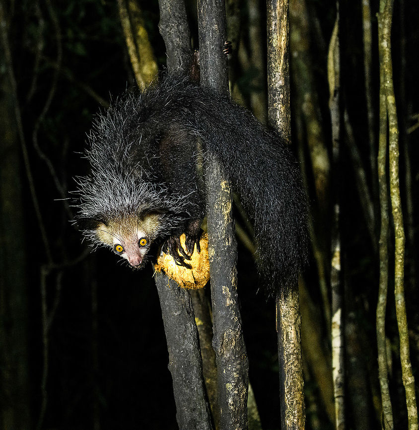Aye-aye - 14, Palmarium, Madagascar Here it is, the Aye-Aye, the primate woodpecker, rodent, bat or "heh heh", Malagasy for "I don't know". <br />
<br />
"I don't know" is exactly the first thing that popped into my brain upon seeing it. My brain struggled to understand what it was seeing, despite having read about Aye-ayes at a basic level. It just doesn't register or fit into any boxes.<br />
<br />
My second thought was that if I would not know any better, I'd go along with the local superstition that this is a demonic animal. <br />
<br />
Science didn't really know either in earlier times. This creature first was considered a rodent, based on its teeth that perpetually grow and thus must constantly be worn down. It took a long time for it to be considered a primate, and specifically a lemur.<br />
<br />
A very weird primate. Its ears are huge and have inner ridges similar to bats, optimized for echolocation, making this the only primate to use this.<br />
<br />
Echolocation comes into play when its taps its lengthy 3rd finger rapidly on tree tunks to locate insects/larvae inside. Next, it uses its strong teeth to gnawl a hole into the trunk. Finally, it uses its extremely lengthy 4th finger to rapidly pull out the contents, like a machine gun, using a special hooked nail.<br />
<br />
I had always imagined the Aye-aye to be kind of like a Koala: small, slow, and vulnerable. I was wrong at every level. It's pretty large, combined with the tail above 1m in length. It's very fast and escapes a scene in about 2 seconds. It's teeth and fingers are not careful or fragile tools, they're like power tools. <br />
<br />
The backstory: from Palmarium, on dry nights, you can take a boat to an uninhabited island. On the island live 6-8 Aye-ayes. They are typically in the canopy of a mangrove forest. Coconuts are strategically placed at a lower level to lure them down. Flash lights and camera flash are disallowed, yet when the lure action is succesful, a relatively weak area light shines on the feeding Aye-aye, which does not seem to disturb them.<br />
<br />
Photographing them is challenging due to the lack of flash and the light source being quite weak, but it can be done with some special measures.<br />
<br />
To Henriette and me, the Aye-aye was this year's trophy and a proper closure on 3 years of Madagascar, so I'm going to be generous in sharing many shots of this fantastic animal. We're not done with the set though, not quite yet.<br />
<br />
<figure class="photo"><a href="https://www.jungledragon.com/image/87321/aye-aye_-_1_palmarium_madagascar.html" title="Aye-aye - 1, Palmarium, Madagascar"><img src="https://s3.amazonaws.com/media.jungledragon.com/images/2/87321_thumb.jpg?AWSAccessKeyId=05GMT0V3GWVNE7GGM1R2&Expires=1770854410&Signature=8atIgKM%2F%2FKN5CRm%2BTJWfdKwNcE0%3D" width="200" height="130" alt="Aye-aye - 1, Palmarium, Madagascar Here it is, the Aye-Aye, the primate woodpecker, rodent, bat or "heh heh", Malagasy for "I don't know". <br />
<br />
"I don't know" is exactly the first thing that popped into my brain upon seeing it. My brain struggled to understand what it was seeing, despite having read about Aye-ayes at a basic level. It just doesn't register or fit into any boxes.<br />
<br />
My second thought was that if I would not know any better, I'd go along with the local superstition that this is a demonic animal. <br />
<br />
Science didn't really know either in earlier times. This creature first was considered a rodent, based on its teeth that perpetually grow and thus must constantly be worn down. It took a long time for it to be considered a primate, and specifically a lemur.<br />
<br />
A very weird primate. Its ears are huge and have inner ridges similar to bats, optimized for echolocation, making this the only primate to use this.<br />
<br />
Echolocation comes into play when its taps its lengthy 3rd finger rapidly on tree tunks to locate insects/larvae inside. Next, it uses its strong teeth to gnawl a hole into the trunk. Finally, it uses its extremely lengthy 4th finger to rapidly pull out the contents, like a machine gun, using a special hooked nail.<br />
<br />
I had always imagined the Aye-aye to be kind of like a Koala: small, slow, and vulnerable. I was wrong at every level. It's pretty large, combined with the tail above 1m in length. It's very fast and escapes a scene in about 2 seconds. It's teeth and fingers are not careful or fragile tools, they're like power tools. <br />
<br />
The backstory: from Palmarium, on dry nights, you can take a boat to an uninhabited island. On the island live 6-8 Aye-ayes. They are typically in the canopy of a mangrove forest. Coconuts are strategically placed at a lower level to lure them down. Flash lights and camera flash are disallowed, yet when the lure action is succesful, a relatively weak area light shines on the feeding Aye-aye, which does not seem to disturb them.<br />
<br />
Photographing them is challenging due to the lack of flash and the light source being quite weak, but it can be done with some special measures.<br />
<br />
To Henriette and me, the Aye-aye was this year's trophy and a proper closure on 3 years of Madagascar, so I'm going to be generous in sharing many shots of this fantastic animal. We're not done with the set though, not quite yet.<br />
<br />
https://www.jungledragon.com/image/87322/aye-aye_-_2_palmarium_madagascar.html<br />
https://www.jungledragon.com/image/87323/aye-aye_-_3_palmarium_madagascar.html<br />
https://www.jungledragon.com/image/87324/aye-aye_-_4_palmarium_madagascar.html<br />
https://www.jungledragon.com/image/87325/aye-aye_-_5_palmarium_madagascar.html<br />
https://www.jungledragon.com/image/87326/aye-aye_-_6_palmarium_madagascar.html<br />
https://www.jungledragon.com/image/87327/aye-aye_-_7_palmarium_madagascar.html<br />
https://www.jungledragon.com/image/87328/aye-aye_-_8_palmarium_madagascar.html<br />
https://www.jungledragon.com/image/87329/aye-aye_-_9_palmarium_madagascar.html<br />
https://www.jungledragon.com/image/87330/aye-aye_-_10_palmarium_madagascar.html<br />
https://www.jungledragon.com/image/87331/aye-aye_-_11_palmarium_madagascar.html<br />
https://www.jungledragon.com/image/87332/aye-aye_-_12_palmarium_madagascar.html<br />
https://www.jungledragon.com/image/87333/aye-aye_-_13_palmarium_madagascar.html<br />
https://www.jungledragon.com/image/87334/aye-aye_-_14_palmarium_madagascar.html<br />
https://www.jungledragon.com/image/87335/aye-aye_-_15_palmarium_madagascar.html<br />
https://www.jungledragon.com/image/87336/aye-aye_-_16_palmarium_madagascar.html<br />
https://www.jungledragon.com/image/87337/aye-aye_-_17_palmarium_madagascar.html<br />
https://www.jungledragon.com/image/87338/aye-aye_-_18_palmarium_madagascar.html<br />
https://www.jungledragon.com/image/87339/aye-aye_-_19_palmarium_madagascar.html<br />
https://www.jungledragon.com/image/87340/aye-aye_-_20_palmarium_madagascar.html<br />
<br />
https://www.youtube.com/watch?v=295rx5Dqsf4 Africa,Aye-aye,Daubentonia madagascariensis,Geotagged,Madagascar,Madagascar 2019,Palmarium reserve,Winter,World" /></a></figure><br />
<figure class="photo"><a href="https://www.jungledragon.com/image/87322/aye-aye_-_2_palmarium_madagascar.html" title="Aye-aye - 2, Palmarium, Madagascar"><img src="https://s3.amazonaws.com/media.jungledragon.com/images/2/87322_thumb.jpg?AWSAccessKeyId=05GMT0V3GWVNE7GGM1R2&Expires=1770854410&Signature=4tdsgqzZpoIlwYfH7rosaJlm%2Bpo%3D" width="144" height="152" alt="Aye-aye - 2, Palmarium, Madagascar Here it is, the Aye-Aye, the primate woodpecker, rodent, bat or "heh heh", Malagasy for "I don't know". <br />
<br />
"I don't know" is exactly the first thing that popped into my brain upon seeing it. My brain struggled to understand what it was seeing, despite having read about Aye-ayes at a basic level. It just doesn't register or fit into any boxes.<br />
<br />
My second thought was that if I would not know any better, I'd go along with the local superstition that this is a demonic animal. <br />
<br />
Science didn't really know either in earlier times. This creature first was considered a rodent, based on its teeth that perpetually grow and thus must constantly be worn down. It took a long time for it to be considered a primate, and specifically a lemur.<br />
<br />
A very weird primate. Its ears are huge and have inner ridges similar to bats, optimized for echolocation, making this the only primate to use this.<br />
<br />
Echolocation comes into play when its taps its lengthy 3rd finger rapidly on tree tunks to locate insects/larvae inside. Next, it uses its strong teeth to gnawl a hole into the trunk. Finally, it uses its extremely lengthy 4th finger to rapidly pull out the contents, like a machine gun, using a special hooked nail.<br />
<br />
I had always imagined the Aye-aye to be kind of like a Koala: small, slow, and vulnerable. I was wrong at every level. It's pretty large, combined with the tail above 1m in length. It's very fast and escapes a scene in about 2 seconds. It's teeth and fingers are not careful or fragile tools, they're like power tools. <br />
<br />
The backstory: from Palmarium, on dry nights, you can take a boat to an uninhabited island. On the island live 6-8 Aye-ayes. They are typically in the canopy of a mangrove forest. Coconuts are strategically placed at a lower level to lure them down. Flash lights and camera flash are disallowed, yet when the lure action is succesful, a relatively weak area light shines on the feeding Aye-aye, which does not seem to disturb them.<br />
<br />
Photographing them is challenging due to the lack of flash and the light source being quite weak, but it can be done with some special measures.<br />
<br />
To Henriette and me, the Aye-aye was this year's trophy and a proper closure on 3 years of Madagascar, so I'm going to be generous in sharing many shots of this fantastic animal. We're not done with the set though, not quite yet.<br />
<br />
https://www.jungledragon.com/image/87321/aye-aye_-_1_palmarium_madagascar.html<br />
https://www.jungledragon.com/image/87323/aye-aye_-_3_palmarium_madagascar.html<br />
https://www.jungledragon.com/image/87324/aye-aye_-_4_palmarium_madagascar.html<br />
https://www.jungledragon.com/image/87325/aye-aye_-_5_palmarium_madagascar.html<br />
https://www.jungledragon.com/image/87326/aye-aye_-_6_palmarium_madagascar.html<br />
https://www.jungledragon.com/image/87327/aye-aye_-_7_palmarium_madagascar.html<br />
https://www.jungledragon.com/image/87328/aye-aye_-_8_palmarium_madagascar.html<br />
https://www.jungledragon.com/image/87329/aye-aye_-_9_palmarium_madagascar.html<br />
https://www.jungledragon.com/image/87330/aye-aye_-_10_palmarium_madagascar.html<br />
https://www.jungledragon.com/image/87331/aye-aye_-_11_palmarium_madagascar.html<br />
https://www.jungledragon.com/image/87332/aye-aye_-_12_palmarium_madagascar.html<br />
https://www.jungledragon.com/image/87333/aye-aye_-_13_palmarium_madagascar.html<br />
https://www.jungledragon.com/image/87334/aye-aye_-_14_palmarium_madagascar.html<br />
https://www.jungledragon.com/image/87335/aye-aye_-_15_palmarium_madagascar.html<br />
https://www.jungledragon.com/image/87336/aye-aye_-_16_palmarium_madagascar.html<br />
https://www.jungledragon.com/image/87337/aye-aye_-_17_palmarium_madagascar.html<br />
https://www.jungledragon.com/image/87338/aye-aye_-_18_palmarium_madagascar.html<br />
https://www.jungledragon.com/image/87339/aye-aye_-_19_palmarium_madagascar.html<br />
https://www.jungledragon.com/image/87340/aye-aye_-_20_palmarium_madagascar.html<br />
<br />
https://www.youtube.com/watch?v=295rx5Dqsf4 Africa,Aye-aye,Daubentonia madagascariensis,Geotagged,Madagascar,Madagascar 2019,Palmarium reserve,Winter,World" /></a></figure><br />
<figure class="photo"><a href="https://www.jungledragon.com/image/87323/aye-aye_-_3_palmarium_madagascar.html" title="Aye-aye - 3, Palmarium, Madagascar"><img src="https://s3.amazonaws.com/media.jungledragon.com/images/2/87323_thumb.jpg?AWSAccessKeyId=05GMT0V3GWVNE7GGM1R2&Expires=1770854410&Signature=tCpGlcYgBPRTw5xTCj6aWvujYYU%3D" width="124" height="152" alt="Aye-aye - 3, Palmarium, Madagascar Here it is, the Aye-Aye, the primate woodpecker, rodent, bat or "heh heh", Malagasy for "I don't know". <br />
<br />
"I don't know" is exactly the first thing that popped into my brain upon seeing it. My brain struggled to understand what it was seeing, despite having read about Aye-ayes at a basic level. It just doesn't register or fit into any boxes.<br />
<br />
My second thought was that if I would not know any better, I'd go along with the local superstition that this is a demonic animal. <br />
<br />
Science didn't really know either in earlier times. This creature first was considered a rodent, based on its teeth that perpetually grow and thus must constantly be worn down. It took a long time for it to be considered a primate, and specifically a lemur.<br />
<br />
A very weird primate. Its ears are huge and have inner ridges similar to bats, optimized for echolocation, making this the only primate to use this.<br />
<br />
Echolocation comes into play when its taps its lengthy 3rd finger rapidly on tree tunks to locate insects/larvae inside. Next, it uses its strong teeth to gnawl a hole into the trunk. Finally, it uses its extremely lengthy 4th finger to rapidly pull out the contents, like a machine gun, using a special hooked nail.<br />
<br />
I had always imagined the Aye-aye to be kind of like a Koala: small, slow, and vulnerable. I was wrong at every level. It's pretty large, combined with the tail above 1m in length. It's very fast and escapes a scene in about 2 seconds. It's teeth and fingers are not careful or fragile tools, they're like power tools. <br />
<br />
The backstory: from Palmarium, on dry nights, you can take a boat to an uninhabited island. On the island live 6-8 Aye-ayes. They are typically in the canopy of a mangrove forest. Coconuts are strategically placed at a lower level to lure them down. Flash lights and camera flash are disallowed, yet when the lure action is succesful, a relatively weak area light shines on the feeding Aye-aye, which does not seem to disturb them.<br />
<br />
Photographing them is challenging due to the lack of flash and the light source being quite weak, but it can be done with some special measures.<br />
<br />
To Henriette and me, the Aye-aye was this year's trophy and a proper closure on 3 years of Madagascar, so I'm going to be generous in sharing many shots of this fantastic animal. We're not done with the set though, not quite yet.<br />
<br />
https://www.jungledragon.com/image/87321/aye-aye_-_1_palmarium_madagascar.html<br />
https://www.jungledragon.com/image/87322/aye-aye_-_2_palmarium_madagascar.html<br />
https://www.jungledragon.com/image/87324/aye-aye_-_4_palmarium_madagascar.html<br />
https://www.jungledragon.com/image/87325/aye-aye_-_5_palmarium_madagascar.html<br />
https://www.jungledragon.com/image/87326/aye-aye_-_6_palmarium_madagascar.html<br />
https://www.jungledragon.com/image/87327/aye-aye_-_7_palmarium_madagascar.html<br />
https://www.jungledragon.com/image/87328/aye-aye_-_8_palmarium_madagascar.html<br />
https://www.jungledragon.com/image/87329/aye-aye_-_9_palmarium_madagascar.html<br />
https://www.jungledragon.com/image/87330/aye-aye_-_10_palmarium_madagascar.html<br />
https://www.jungledragon.com/image/87331/aye-aye_-_11_palmarium_madagascar.html<br />
https://www.jungledragon.com/image/87332/aye-aye_-_12_palmarium_madagascar.html<br />
https://www.jungledragon.com/image/87333/aye-aye_-_13_palmarium_madagascar.html<br />
https://www.jungledragon.com/image/87334/aye-aye_-_14_palmarium_madagascar.html<br />
https://www.jungledragon.com/image/87335/aye-aye_-_15_palmarium_madagascar.html<br />
https://www.jungledragon.com/image/87336/aye-aye_-_16_palmarium_madagascar.html<br />
https://www.jungledragon.com/image/87337/aye-aye_-_17_palmarium_madagascar.html<br />
https://www.jungledragon.com/image/87338/aye-aye_-_18_palmarium_madagascar.html<br />
https://www.jungledragon.com/image/87339/aye-aye_-_19_palmarium_madagascar.html<br />
https://www.jungledragon.com/image/87340/aye-aye_-_20_palmarium_madagascar.html<br />
<br />
https://www.youtube.com/watch?v=295rx5Dqsf4 Africa,Aye-aye,Daubentonia madagascariensis,Madagascar,Madagascar 2019,Palmarium reserve,World" /></a></figure><br />
<figure class="photo"><a href="https://www.jungledragon.com/image/87324/aye-aye_-_4_palmarium_madagascar.html" title="Aye-aye - 4, Palmarium, Madagascar"><img src="https://s3.amazonaws.com/media.jungledragon.com/images/2/87324_thumb.jpg?AWSAccessKeyId=05GMT0V3GWVNE7GGM1R2&Expires=1770854410&Signature=%2FL2L9ttN%2FtYoD5c8PyjSFrWWqJk%3D" width="200" height="166" alt="Aye-aye - 4, Palmarium, Madagascar Here it is, the Aye-Aye, the primate woodpecker, rodent, bat or "heh heh", Malagasy for "I don't know". <br />
<br />
"I don't know" is exactly the first thing that popped into my brain upon seeing it. My brain struggled to understand what it was seeing, despite having read about Aye-ayes at a basic level. It just doesn't register or fit into any boxes.<br />
<br />
My second thought was that if I would not know any better, I'd go along with the local superstition that this is a demonic animal. <br />
<br />
Science didn't really know either in earlier times. This creature first was considered a rodent, based on its teeth that perpetually grow and thus must constantly be worn down. It took a long time for it to be considered a primate, and specifically a lemur.<br />
<br />
A very weird primate. Its ears are huge and have inner ridges similar to bats, optimized for echolocation, making this the only primate to use this.<br />
<br />
Echolocation comes into play when its taps its lengthy 3rd finger rapidly on tree tunks to locate insects/larvae inside. Next, it uses its strong teeth to gnawl a hole into the trunk. Finally, it uses its extremely lengthy 4th finger to rapidly pull out the contents, like a machine gun, using a special hooked nail.<br />
<br />
I had always imagined the Aye-aye to be kind of like a Koala: small, slow, and vulnerable. I was wrong at every level. It's pretty large, combined with the tail above 1m in length. It's very fast and escapes a scene in about 2 seconds. It's teeth and fingers are not careful or fragile tools, they're like power tools. <br />
<br />
The backstory: from Palmarium, on dry nights, you can take a boat to an uninhabited island. On the island live 6-8 Aye-ayes. They are typically in the canopy of a mangrove forest. Coconuts are strategically placed at a lower level to lure them down. Flash lights and camera flash are disallowed, yet when the lure action is succesful, a relatively weak area light shines on the feeding Aye-aye, which does not seem to disturb them.<br />
<br />
Photographing them is challenging due to the lack of flash and the light source being quite weak, but it can be done with some special measures.<br />
<br />
To Henriette and me, the Aye-aye was this year's trophy and a proper closure on 3 years of Madagascar, so I'm going to be generous in sharing many shots of this fantastic animal. We're not done with the set though, not quite yet.<br />
<br />
https://www.jungledragon.com/image/87321/aye-aye_-_1_palmarium_madagascar.html<br />
https://www.jungledragon.com/image/87322/aye-aye_-_2_palmarium_madagascar.html<br />
https://www.jungledragon.com/image/87323/aye-aye_-_3_palmarium_madagascar.html<br />
https://www.jungledragon.com/image/87325/aye-aye_-_5_palmarium_madagascar.html<br />
https://www.jungledragon.com/image/87326/aye-aye_-_6_palmarium_madagascar.html<br />
https://www.jungledragon.com/image/87327/aye-aye_-_7_palmarium_madagascar.html<br />
https://www.jungledragon.com/image/87328/aye-aye_-_8_palmarium_madagascar.html<br />
https://www.jungledragon.com/image/87329/aye-aye_-_9_palmarium_madagascar.html<br />
https://www.jungledragon.com/image/87330/aye-aye_-_10_palmarium_madagascar.html<br />
https://www.jungledragon.com/image/87331/aye-aye_-_11_palmarium_madagascar.html<br />
https://www.jungledragon.com/image/87332/aye-aye_-_12_palmarium_madagascar.html<br />
https://www.jungledragon.com/image/87333/aye-aye_-_13_palmarium_madagascar.html<br />
https://www.jungledragon.com/image/87334/aye-aye_-_14_palmarium_madagascar.html<br />
https://www.jungledragon.com/image/87335/aye-aye_-_15_palmarium_madagascar.html<br />
https://www.jungledragon.com/image/87336/aye-aye_-_16_palmarium_madagascar.html<br />
https://www.jungledragon.com/image/87337/aye-aye_-_17_palmarium_madagascar.html<br />
https://www.jungledragon.com/image/87338/aye-aye_-_18_palmarium_madagascar.html<br />
https://www.jungledragon.com/image/87339/aye-aye_-_19_palmarium_madagascar.html<br />
https://www.jungledragon.com/image/87340/aye-aye_-_20_palmarium_madagascar.html<br />
<br />
https://www.youtube.com/watch?v=295rx5Dqsf4 Africa,Aye-aye,Daubentonia madagascariensis,Geotagged,Madagascar,Madagascar 2019,Palmarium reserve,Winter,World" /></a></figure><br />
<figure class="photo"><a href="https://www.jungledragon.com/image/87325/aye-aye_-_5_palmarium_madagascar.html" title="Aye-aye - 5, Palmarium, Madagascar"><img src="https://s3.amazonaws.com/media.jungledragon.com/images/2/87325_thumb.jpg?AWSAccessKeyId=05GMT0V3GWVNE7GGM1R2&Expires=1770854410&Signature=yNPx2MIE5jFIieysb5IO3fnIKHk%3D" width="200" height="134" alt="Aye-aye - 5, Palmarium, Madagascar Here it is, the Aye-Aye, the primate woodpecker, rodent, bat or "heh heh", Malagasy for "I don't know". <br />
<br />
"I don't know" is exactly the first thing that popped into my brain upon seeing it. My brain struggled to understand what it was seeing, despite having read about Aye-ayes at a basic level. It just doesn't register or fit into any boxes.<br />
<br />
My second thought was that if I would not know any better, I'd go along with the local superstition that this is a demonic animal. <br />
<br />
Science didn't really know either in earlier times. This creature first was considered a rodent, based on its teeth that perpetually grow and thus must constantly be worn down. It took a long time for it to be considered a primate, and specifically a lemur.<br />
<br />
A very weird primate. Its ears are huge and have inner ridges similar to bats, optimized for echolocation, making this the only primate to use this.<br />
<br />
Echolocation comes into play when its taps its lengthy 3rd finger rapidly on tree tunks to locate insects/larvae inside. Next, it uses its strong teeth to gnawl a hole into the trunk. Finally, it uses its extremely lengthy 4th finger to rapidly pull out the contents, like a machine gun, using a special hooked nail.<br />
<br />
I had always imagined the Aye-aye to be kind of like a Koala: small, slow, and vulnerable. I was wrong at every level. It's pretty large, combined with the tail above 1m in length. It's very fast and escapes a scene in about 2 seconds. It's teeth and fingers are not careful or fragile tools, they're like power tools. <br />
<br />
The backstory: from Palmarium, on dry nights, you can take a boat to an uninhabited island. On the island live 6-8 Aye-ayes. They are typically in the canopy of a mangrove forest. Coconuts are strategically placed at a lower level to lure them down. Flash lights and camera flash are disallowed, yet when the lure action is succesful, a relatively weak area light shines on the feeding Aye-aye, which does not seem to disturb them.<br />
<br />
Photographing them is challenging due to the lack of flash and the light source being quite weak, but it can be done with some special measures.<br />
<br />
To Henriette and me, the Aye-aye was this year's trophy and a proper closure on 3 years of Madagascar, so I'm going to be generous in sharing many shots of this fantastic animal. We're not done with the set though, not quite yet.<br />
<br />
https://www.jungledragon.com/image/87321/aye-aye_-_1_palmarium_madagascar.html<br />
https://www.jungledragon.com/image/87322/aye-aye_-_2_palmarium_madagascar.html<br />
https://www.jungledragon.com/image/87323/aye-aye_-_3_palmarium_madagascar.html<br />
https://www.jungledragon.com/image/87324/aye-aye_-_4_palmarium_madagascar.html<br />
https://www.jungledragon.com/image/87326/aye-aye_-_6_palmarium_madagascar.html<br />
https://www.jungledragon.com/image/87327/aye-aye_-_7_palmarium_madagascar.html<br />
https://www.jungledragon.com/image/87328/aye-aye_-_8_palmarium_madagascar.html<br />
https://www.jungledragon.com/image/87329/aye-aye_-_9_palmarium_madagascar.html<br />
https://www.jungledragon.com/image/87330/aye-aye_-_10_palmarium_madagascar.html<br />
https://www.jungledragon.com/image/87331/aye-aye_-_11_palmarium_madagascar.html<br />
https://www.jungledragon.com/image/87332/aye-aye_-_12_palmarium_madagascar.html<br />
https://www.jungledragon.com/image/87333/aye-aye_-_13_palmarium_madagascar.html<br />
https://www.jungledragon.com/image/87334/aye-aye_-_14_palmarium_madagascar.html<br />
https://www.jungledragon.com/image/87335/aye-aye_-_15_palmarium_madagascar.html<br />
https://www.jungledragon.com/image/87336/aye-aye_-_16_palmarium_madagascar.html<br />
https://www.jungledragon.com/image/87337/aye-aye_-_17_palmarium_madagascar.html<br />
https://www.jungledragon.com/image/87338/aye-aye_-_18_palmarium_madagascar.html<br />
https://www.jungledragon.com/image/87339/aye-aye_-_19_palmarium_madagascar.html<br />
https://www.jungledragon.com/image/87340/aye-aye_-_20_palmarium_madagascar.html<br />
<br />
https://www.youtube.com/watch?v=295rx5Dqsf4 Africa,Aye-aye,Daubentonia madagascariensis,Geotagged,Madagascar,Madagascar 2019,Palmarium reserve,Winter,World" /></a></figure><br />
<figure class="photo"><a href="https://www.jungledragon.com/image/87326/aye-aye_-_6_palmarium_madagascar.html" title="Aye-aye - 6, Palmarium, Madagascar"><img src="https://s3.amazonaws.com/media.jungledragon.com/images/2/87326_thumb.jpg?AWSAccessKeyId=05GMT0V3GWVNE7GGM1R2&Expires=1770854410&Signature=MjJF0jZC23W1IkqkcOMJDARPfkc%3D" width="102" height="152" alt="Aye-aye - 6, Palmarium, Madagascar Here it is, the Aye-Aye, the primate woodpecker, rodent, bat or "heh heh", Malagasy for "I don't know". <br />
<br />
"I don't know" is exactly the first thing that popped into my brain upon seeing it. My brain struggled to understand what it was seeing, despite having read about Aye-ayes at a basic level. It just doesn't register or fit into any boxes.<br />
<br />
My second thought was that if I would not know any better, I'd go along with the local superstition that this is a demonic animal. <br />
<br />
Science didn't really know either in earlier times. This creature first was considered a rodent, based on its teeth that perpetually grow and thus must constantly be worn down. It took a long time for it to be considered a primate, and specifically a lemur.<br />
<br />
A very weird primate. Its ears are huge and have inner ridges similar to bats, optimized for echolocation, making this the only primate to use this.<br />
<br />
Echolocation comes into play when its taps its lengthy 3rd finger rapidly on tree tunks to locate insects/larvae inside. Next, it uses its strong teeth to gnawl a hole into the trunk. Finally, it uses its extremely lengthy 4th finger to rapidly pull out the contents, like a machine gun, using a special hooked nail.<br />
<br />
I had always imagined the Aye-aye to be kind of like a Koala: small, slow, and vulnerable. I was wrong at every level. It's pretty large, combined with the tail above 1m in length. It's very fast and escapes a scene in about 2 seconds. It's teeth and fingers are not careful or fragile tools, they're like power tools. <br />
<br />
The backstory: from Palmarium, on dry nights, you can take a boat to an uninhabited island. On the island live 6-8 Aye-ayes. They are typically in the canopy of a mangrove forest. Coconuts are strategically placed at a lower level to lure them down. Flash lights and camera flash are disallowed, yet when the lure action is succesful, a relatively weak area light shines on the feeding Aye-aye, which does not seem to disturb them.<br />
<br />
Photographing them is challenging due to the lack of flash and the light source being quite weak, but it can be done with some special measures.<br />
<br />
To Henriette and me, the Aye-aye was this year's trophy and a proper closure on 3 years of Madagascar, so I'm going to be generous in sharing many shots of this fantastic animal. We're not done with the set though, not quite yet.<br />
<br />
https://www.jungledragon.com/image/87321/aye-aye_-_1_palmarium_madagascar.html<br />
https://www.jungledragon.com/image/87322/aye-aye_-_2_palmarium_madagascar.html<br />
https://www.jungledragon.com/image/87323/aye-aye_-_3_palmarium_madagascar.html<br />
https://www.jungledragon.com/image/87324/aye-aye_-_4_palmarium_madagascar.html<br />
https://www.jungledragon.com/image/87325/aye-aye_-_5_palmarium_madagascar.html<br />
https://www.jungledragon.com/image/87327/aye-aye_-_7_palmarium_madagascar.html<br />
https://www.jungledragon.com/image/87328/aye-aye_-_8_palmarium_madagascar.html<br />
https://www.jungledragon.com/image/87329/aye-aye_-_9_palmarium_madagascar.html<br />
https://www.jungledragon.com/image/87330/aye-aye_-_10_palmarium_madagascar.html<br />
https://www.jungledragon.com/image/87331/aye-aye_-_11_palmarium_madagascar.html<br />
https://www.jungledragon.com/image/87332/aye-aye_-_12_palmarium_madagascar.html<br />
https://www.jungledragon.com/image/87333/aye-aye_-_13_palmarium_madagascar.html<br />
https://www.jungledragon.com/image/87334/aye-aye_-_14_palmarium_madagascar.html<br />
https://www.jungledragon.com/image/87335/aye-aye_-_15_palmarium_madagascar.html<br />
https://www.jungledragon.com/image/87336/aye-aye_-_16_palmarium_madagascar.html<br />
https://www.jungledragon.com/image/87337/aye-aye_-_17_palmarium_madagascar.html<br />
https://www.jungledragon.com/image/87338/aye-aye_-_18_palmarium_madagascar.html<br />
https://www.jungledragon.com/image/87339/aye-aye_-_19_palmarium_madagascar.html<br />
https://www.jungledragon.com/image/87340/aye-aye_-_20_palmarium_madagascar.html<br />
<br />
https://www.youtube.com/watch?v=295rx5Dqsf4 Africa,Aye-aye,Daubentonia madagascariensis,Geotagged,Madagascar,Madagascar 2019,Palmarium reserve,Winter,World" /></a></figure><br />
<figure class="photo"><a href="https://www.jungledragon.com/image/87327/aye-aye_-_7_palmarium_madagascar.html" title="Aye-aye - 7, Palmarium, Madagascar"><img src="https://s3.amazonaws.com/media.jungledragon.com/images/2/87327_thumb.jpg?AWSAccessKeyId=05GMT0V3GWVNE7GGM1R2&Expires=1770854410&Signature=flEggrTsIWOQCHs6Os1m3F%2BjuEY%3D" width="200" height="170" alt="Aye-aye - 7, Palmarium, Madagascar Here it is, the Aye-Aye, the primate woodpecker, rodent, bat or "heh heh", Malagasy for "I don't know". <br />
<br />
"I don't know" is exactly the first thing that popped into my brain upon seeing it. My brain struggled to understand what it was seeing, despite having read about Aye-ayes at a basic level. It just doesn't register or fit into any boxes.<br />
<br />
My second thought was that if I would not know any better, I'd go along with the local superstition that this is a demonic animal. <br />
<br />
Science didn't really know either in earlier times. This creature first was considered a rodent, based on its teeth that perpetually grow and thus must constantly be worn down. It took a long time for it to be considered a primate, and specifically a lemur.<br />
<br />
A very weird primate. Its ears are huge and have inner ridges similar to bats, optimized for echolocation, making this the only primate to use this.<br />
<br />
Echolocation comes into play when its taps its lengthy 3rd finger rapidly on tree tunks to locate insects/larvae inside. Next, it uses its strong teeth to gnawl a hole into the trunk. Finally, it uses its extremely lengthy 4th finger to rapidly pull out the contents, like a machine gun, using a special hooked nail.<br />
<br />
I had always imagined the Aye-aye to be kind of like a Koala: small, slow, and vulnerable. I was wrong at every level. It's pretty large, combined with the tail above 1m in length. It's very fast and escapes a scene in about 2 seconds. It's teeth and fingers are not careful or fragile tools, they're like power tools. <br />
<br />
The backstory: from Palmarium, on dry nights, you can take a boat to an uninhabited island. On the island live 6-8 Aye-ayes. They are typically in the canopy of a mangrove forest. Coconuts are strategically placed at a lower level to lure them down. Flash lights and camera flash are disallowed, yet when the lure action is succesful, a relatively weak area light shines on the feeding Aye-aye, which does not seem to disturb them.<br />
<br />
Photographing them is challenging due to the lack of flash and the light source being quite weak, but it can be done with some special measures.<br />
<br />
To Henriette and me, the Aye-aye was this year's trophy and a proper closure on 3 years of Madagascar, so I'm going to be generous in sharing many shots of this fantastic animal. We're not done with the set though, not quite yet.<br />
<br />
https://www.jungledragon.com/image/87321/aye-aye_-_1_palmarium_madagascar.html<br />
https://www.jungledragon.com/image/87322/aye-aye_-_2_palmarium_madagascar.html<br />
https://www.jungledragon.com/image/87323/aye-aye_-_3_palmarium_madagascar.html<br />
https://www.jungledragon.com/image/87324/aye-aye_-_4_palmarium_madagascar.html<br />
https://www.jungledragon.com/image/87325/aye-aye_-_5_palmarium_madagascar.html<br />
https://www.jungledragon.com/image/87326/aye-aye_-_6_palmarium_madagascar.html<br />
https://www.jungledragon.com/image/87328/aye-aye_-_8_palmarium_madagascar.html<br />
https://www.jungledragon.com/image/87329/aye-aye_-_9_palmarium_madagascar.html<br />
https://www.jungledragon.com/image/87330/aye-aye_-_10_palmarium_madagascar.html<br />
https://www.jungledragon.com/image/87331/aye-aye_-_11_palmarium_madagascar.html<br />
https://www.jungledragon.com/image/87332/aye-aye_-_12_palmarium_madagascar.html<br />
https://www.jungledragon.com/image/87333/aye-aye_-_13_palmarium_madagascar.html<br />
https://www.jungledragon.com/image/87334/aye-aye_-_14_palmarium_madagascar.html<br />
https://www.jungledragon.com/image/87335/aye-aye_-_15_palmarium_madagascar.html<br />
https://www.jungledragon.com/image/87336/aye-aye_-_16_palmarium_madagascar.html<br />
https://www.jungledragon.com/image/87337/aye-aye_-_17_palmarium_madagascar.html<br />
https://www.jungledragon.com/image/87338/aye-aye_-_18_palmarium_madagascar.html<br />
https://www.jungledragon.com/image/87339/aye-aye_-_19_palmarium_madagascar.html<br />
https://www.jungledragon.com/image/87340/aye-aye_-_20_palmarium_madagascar.html<br />
<br />
https://www.youtube.com/watch?v=295rx5Dqsf4 Africa,Aye-aye,Daubentonia madagascariensis,Geotagged,Madagascar,Madagascar 2019,Palmarium reserve,Winter,World" /></a></figure><br />
<figure class="photo"><a href="https://www.jungledragon.com/image/87328/aye-aye_-_8_palmarium_madagascar.html" title="Aye-aye - 8, Palmarium, Madagascar"><img src="https://s3.amazonaws.com/media.jungledragon.com/images/2/87328_thumb.jpg?AWSAccessKeyId=05GMT0V3GWVNE7GGM1R2&Expires=1770854410&Signature=keWyEmbFs8EmIss5mJAIkA0Mh%2FQ%3D" width="126" height="152" alt="Aye-aye - 8, Palmarium, Madagascar Here it is, the Aye-Aye, the primate woodpecker, rodent, bat or "heh heh", Malagasy for "I don't know". <br />
<br />
"I don't know" is exactly the first thing that popped into my brain upon seeing it. My brain struggled to understand what it was seeing, despite having read about Aye-ayes at a basic level. It just doesn't register or fit into any boxes.<br />
<br />
My second thought was that if I would not know any better, I'd go along with the local superstition that this is a demonic animal. <br />
<br />
Science didn't really know either in earlier times. This creature first was considered a rodent, based on its teeth that perpetually grow and thus must constantly be worn down. It took a long time for it to be considered a primate, and specifically a lemur.<br />
<br />
A very weird primate. Its ears are huge and have inner ridges similar to bats, optimized for echolocation, making this the only primate to use this.<br />
<br />
Echolocation comes into play when its taps its lengthy 3rd finger rapidly on tree tunks to locate insects/larvae inside. Next, it uses its strong teeth to gnawl a hole into the trunk. Finally, it uses its extremely lengthy 4th finger to rapidly pull out the contents, like a machine gun, using a special hooked nail.<br />
<br />
I had always imagined the Aye-aye to be kind of like a Koala: small, slow, and vulnerable. I was wrong at every level. It's pretty large, combined with the tail above 1m in length. It's very fast and escapes a scene in about 2 seconds. It's teeth and fingers are not careful or fragile tools, they're like power tools. <br />
<br />
The backstory: from Palmarium, on dry nights, you can take a boat to an uninhabited island. On the island live 6-8 Aye-ayes. They are typically in the canopy of a mangrove forest. Coconuts are strategically placed at a lower level to lure them down. Flash lights and camera flash are disallowed, yet when the lure action is succesful, a relatively weak area light shines on the feeding Aye-aye, which does not seem to disturb them.<br />
<br />
Photographing them is challenging due to the lack of flash and the light source being quite weak, but it can be done with some special measures.<br />
<br />
To Henriette and me, the Aye-aye was this year's trophy and a proper closure on 3 years of Madagascar, so I'm going to be generous in sharing many shots of this fantastic animal. We're not done with the set though, not quite yet.<br />
<br />
https://www.jungledragon.com/image/87321/aye-aye_-_1_palmarium_madagascar.html<br />
https://www.jungledragon.com/image/87322/aye-aye_-_2_palmarium_madagascar.html<br />
https://www.jungledragon.com/image/87323/aye-aye_-_3_palmarium_madagascar.html<br />
https://www.jungledragon.com/image/87324/aye-aye_-_4_palmarium_madagascar.html<br />
https://www.jungledragon.com/image/87325/aye-aye_-_5_palmarium_madagascar.html<br />
https://www.jungledragon.com/image/87326/aye-aye_-_6_palmarium_madagascar.html<br />
https://www.jungledragon.com/image/87327/aye-aye_-_7_palmarium_madagascar.html<br />
https://www.jungledragon.com/image/87329/aye-aye_-_9_palmarium_madagascar.html<br />
https://www.jungledragon.com/image/87330/aye-aye_-_10_palmarium_madagascar.html<br />
https://www.jungledragon.com/image/87331/aye-aye_-_11_palmarium_madagascar.html<br />
https://www.jungledragon.com/image/87332/aye-aye_-_12_palmarium_madagascar.html<br />
https://www.jungledragon.com/image/87333/aye-aye_-_13_palmarium_madagascar.html<br />
https://www.jungledragon.com/image/87334/aye-aye_-_14_palmarium_madagascar.html<br />
https://www.jungledragon.com/image/87335/aye-aye_-_15_palmarium_madagascar.html<br />
https://www.jungledragon.com/image/87336/aye-aye_-_16_palmarium_madagascar.html<br />
https://www.jungledragon.com/image/87337/aye-aye_-_17_palmarium_madagascar.html<br />
https://www.jungledragon.com/image/87338/aye-aye_-_18_palmarium_madagascar.html<br />
https://www.jungledragon.com/image/87339/aye-aye_-_19_palmarium_madagascar.html<br />
https://www.jungledragon.com/image/87340/aye-aye_-_20_palmarium_madagascar.html<br />
<br />
https://www.youtube.com/watch?v=295rx5Dqsf4 Africa,Aye-aye,Daubentonia madagascariensis,Geotagged,Madagascar,Madagascar 2019,Palmarium reserve,Winter,World" /></a></figure><br />
<figure class="photo"><a href="https://www.jungledragon.com/image/87329/aye-aye_-_9_palmarium_madagascar.html" title="Aye-aye - 9, Palmarium, Madagascar"><img src="https://s3.amazonaws.com/media.jungledragon.com/images/2/87329_thumb.jpg?AWSAccessKeyId=05GMT0V3GWVNE7GGM1R2&Expires=1770854410&Signature=swhy3DXVd89DJwBSkIkghoW0Z9c%3D" width="200" height="172" alt="Aye-aye - 9, Palmarium, Madagascar Here it is, the Aye-Aye, the primate woodpecker, rodent, bat or "heh heh", Malagasy for "I don't know". <br />
<br />
"I don't know" is exactly the first thing that popped into my brain upon seeing it. My brain struggled to understand what it was seeing, despite having read about Aye-ayes at a basic level. It just doesn't register or fit into any boxes.<br />
<br />
My second thought was that if I would not know any better, I'd go along with the local superstition that this is a demonic animal. <br />
<br />
Science didn't really know either in earlier times. This creature first was considered a rodent, based on its teeth that perpetually grow and thus must constantly be worn down. It took a long time for it to be considered a primate, and specifically a lemur.<br />
<br />
A very weird primate. Its ears are huge and have inner ridges similar to bats, optimized for echolocation, making this the only primate to use this.<br />
<br />
Echolocation comes into play when its taps its lengthy 3rd finger rapidly on tree tunks to locate insects/larvae inside. Next, it uses its strong teeth to gnawl a hole into the trunk. Finally, it uses its extremely lengthy 4th finger to rapidly pull out the contents, like a machine gun, using a special hooked nail.<br />
<br />
I had always imagined the Aye-aye to be kind of like a Koala: small, slow, and vulnerable. I was wrong at every level. It's pretty large, combined with the tail above 1m in length. It's very fast and escapes a scene in about 2 seconds. It's teeth and fingers are not careful or fragile tools, they're like power tools. <br />
<br />
The backstory: from Palmarium, on dry nights, you can take a boat to an uninhabited island. On the island live 6-8 Aye-ayes. They are typically in the canopy of a mangrove forest. Coconuts are strategically placed at a lower level to lure them down. Flash lights and camera flash are disallowed, yet when the lure action is succesful, a relatively weak area light shines on the feeding Aye-aye, which does not seem to disturb them.<br />
<br />
Photographing them is challenging due to the lack of flash and the light source being quite weak, but it can be done with some special measures.<br />
<br />
To Henriette and me, the Aye-aye was this year's trophy and a proper closure on 3 years of Madagascar, so I'm going to be generous in sharing many shots of this fantastic animal. We're not done with the set though, not quite yet.<br />
<br />
https://www.jungledragon.com/image/87321/aye-aye_-_1_palmarium_madagascar.html<br />
https://www.jungledragon.com/image/87322/aye-aye_-_2_palmarium_madagascar.html<br />
https://www.jungledragon.com/image/87323/aye-aye_-_3_palmarium_madagascar.html<br />
https://www.jungledragon.com/image/87324/aye-aye_-_4_palmarium_madagascar.html<br />
https://www.jungledragon.com/image/87325/aye-aye_-_5_palmarium_madagascar.html<br />
https://www.jungledragon.com/image/87326/aye-aye_-_6_palmarium_madagascar.html<br />
https://www.jungledragon.com/image/87327/aye-aye_-_7_palmarium_madagascar.html<br />
https://www.jungledragon.com/image/87328/aye-aye_-_8_palmarium_madagascar.html<br />
https://www.jungledragon.com/image/87330/aye-aye_-_10_palmarium_madagascar.html<br />
https://www.jungledragon.com/image/87331/aye-aye_-_11_palmarium_madagascar.html<br />
https://www.jungledragon.com/image/87332/aye-aye_-_12_palmarium_madagascar.html<br />
https://www.jungledragon.com/image/87333/aye-aye_-_13_palmarium_madagascar.html<br />
https://www.jungledragon.com/image/87334/aye-aye_-_14_palmarium_madagascar.html<br />
https://www.jungledragon.com/image/87335/aye-aye_-_15_palmarium_madagascar.html<br />
https://www.jungledragon.com/image/87336/aye-aye_-_16_palmarium_madagascar.html<br />
https://www.jungledragon.com/image/87337/aye-aye_-_17_palmarium_madagascar.html<br />
https://www.jungledragon.com/image/87338/aye-aye_-_18_palmarium_madagascar.html<br />
https://www.jungledragon.com/image/87339/aye-aye_-_19_palmarium_madagascar.html<br />
https://www.jungledragon.com/image/87340/aye-aye_-_20_palmarium_madagascar.html<br />
<br />
https://www.youtube.com/watch?v=295rx5Dqsf4 Africa,Aye-aye,Daubentonia madagascariensis,Geotagged,Madagascar,Madagascar 2019,Palmarium reserve,Winter,World" /></a></figure><br />
<figure class="photo"><a href="https://www.jungledragon.com/image/87330/aye-aye_-_10_palmarium_madagascar.html" title="Aye-aye - 10, Palmarium, Madagascar"><img src="https://s3.amazonaws.com/media.jungledragon.com/images/2/87330_thumb.jpg?AWSAccessKeyId=05GMT0V3GWVNE7GGM1R2&Expires=1770854410&Signature=D892RuqzKpREmGVdOKMIAfYeCec%3D" width="200" height="114" alt="Aye-aye - 10, Palmarium, Madagascar Here it is, the Aye-Aye, the primate woodpecker, rodent, bat or "heh heh", Malagasy for "I don't know". <br />
<br />
"I don't know" is exactly the first thing that popped into my brain upon seeing it. My brain struggled to understand what it was seeing, despite having read about Aye-ayes at a basic level. It just doesn't register or fit into any boxes.<br />
<br />
My second thought was that if I would not know any better, I'd go along with the local superstition that this is a demonic animal. <br />
<br />
Science didn't really know either in earlier times. This creature first was considered a rodent, based on its teeth that perpetually grow and thus must constantly be worn down. It took a long time for it to be considered a primate, and specifically a lemur.<br />
<br />
A very weird primate. Its ears are huge and have inner ridges similar to bats, optimized for echolocation, making this the only primate to use this.<br />
<br />
Echolocation comes into play when its taps its lengthy 3rd finger rapidly on tree tunks to locate insects/larvae inside. Next, it uses its strong teeth to gnawl a hole into the trunk. Finally, it uses its extremely lengthy 4th finger to rapidly pull out the contents, like a machine gun, using a special hooked nail.<br />
<br />
I had always imagined the Aye-aye to be kind of like a Koala: small, slow, and vulnerable. I was wrong at every level. It's pretty large, combined with the tail above 1m in length. It's very fast and escapes a scene in about 2 seconds. It's teeth and fingers are not careful or fragile tools, they're like power tools. <br />
<br />
The backstory: from Palmarium, on dry nights, you can take a boat to an uninhabited island. On the island live 6-8 Aye-ayes. They are typically in the canopy of a mangrove forest. Coconuts are strategically placed at a lower level to lure them down. Flash lights and camera flash are disallowed, yet when the lure action is succesful, a relatively weak area light shines on the feeding Aye-aye, which does not seem to disturb them.<br />
<br />
Photographing them is challenging due to the lack of flash and the light source being quite weak, but it can be done with some special measures.<br />
<br />
To Henriette and me, the Aye-aye was this year's trophy and a proper closure on 3 years of Madagascar, so I'm going to be generous in sharing many shots of this fantastic animal. We're not done with the set though, not quite yet.<br />
<br />
https://www.jungledragon.com/image/87321/aye-aye_-_1_palmarium_madagascar.html<br />
https://www.jungledragon.com/image/87322/aye-aye_-_2_palmarium_madagascar.html<br />
https://www.jungledragon.com/image/87323/aye-aye_-_3_palmarium_madagascar.html<br />
https://www.jungledragon.com/image/87324/aye-aye_-_4_palmarium_madagascar.html<br />
https://www.jungledragon.com/image/87325/aye-aye_-_5_palmarium_madagascar.html<br />
https://www.jungledragon.com/image/87326/aye-aye_-_6_palmarium_madagascar.html<br />
https://www.jungledragon.com/image/87327/aye-aye_-_7_palmarium_madagascar.html<br />
https://www.jungledragon.com/image/87328/aye-aye_-_8_palmarium_madagascar.html<br />
https://www.jungledragon.com/image/87329/aye-aye_-_9_palmarium_madagascar.html<br />
https://www.jungledragon.com/image/87331/aye-aye_-_11_palmarium_madagascar.html<br />
https://www.jungledragon.com/image/87332/aye-aye_-_12_palmarium_madagascar.html<br />
https://www.jungledragon.com/image/87333/aye-aye_-_13_palmarium_madagascar.html<br />
https://www.jungledragon.com/image/87334/aye-aye_-_14_palmarium_madagascar.html<br />
https://www.jungledragon.com/image/87335/aye-aye_-_15_palmarium_madagascar.html<br />
https://www.jungledragon.com/image/87336/aye-aye_-_16_palmarium_madagascar.html<br />
https://www.jungledragon.com/image/87337/aye-aye_-_17_palmarium_madagascar.html<br />
https://www.jungledragon.com/image/87338/aye-aye_-_18_palmarium_madagascar.html<br />
https://www.jungledragon.com/image/87339/aye-aye_-_19_palmarium_madagascar.html<br />
https://www.jungledragon.com/image/87340/aye-aye_-_20_palmarium_madagascar.html<br />
<br />
https://www.youtube.com/watch?v=295rx5Dqsf4 Africa,Aye-aye,Daubentonia madagascariensis,Geotagged,Madagascar,Madagascar 2019,Palmarium reserve,Winter,World" /></a></figure><br />
<figure class="photo"><a href="https://www.jungledragon.com/image/87331/aye-aye_-_11_palmarium_madagascar.html" title="Aye-aye - 11, Palmarium, Madagascar"><img src="https://s3.amazonaws.com/media.jungledragon.com/images/2/87331_thumb.jpg?AWSAccessKeyId=05GMT0V3GWVNE7GGM1R2&Expires=1770854410&Signature=AZP72WxjzOb2v%2FcYucx8XY%2BfN%2Fw%3D" width="152" height="152" alt="Aye-aye - 11, Palmarium, Madagascar Here it is, the Aye-Aye, the primate woodpecker, rodent, bat or "heh heh", Malagasy for "I don't know". <br />
<br />
"I don't know" is exactly the first thing that popped into my brain upon seeing it. My brain struggled to understand what it was seeing, despite having read about Aye-ayes at a basic level. It just doesn't register or fit into any boxes.<br />
<br />
My second thought was that if I would not know any better, I'd go along with the local superstition that this is a demonic animal. <br />
<br />
Science didn't really know either in earlier times. This creature first was considered a rodent, based on its teeth that perpetually grow and thus must constantly be worn down. It took a long time for it to be considered a primate, and specifically a lemur.<br />
<br />
A very weird primate. Its ears are huge and have inner ridges similar to bats, optimized for echolocation, making this the only primate to use this.<br />
<br />
Echolocation comes into play when its taps its lengthy 3rd finger rapidly on tree tunks to locate insects/larvae inside. Next, it uses its strong teeth to gnawl a hole into the trunk. Finally, it uses its extremely lengthy 4th finger to rapidly pull out the contents, like a machine gun, using a special hooked nail.<br />
<br />
I had always imagined the Aye-aye to be kind of like a Koala: small, slow, and vulnerable. I was wrong at every level. It's pretty large, combined with the tail above 1m in length. It's very fast and escapes a scene in about 2 seconds. It's teeth and fingers are not careful or fragile tools, they're like power tools. <br />
<br />
The backstory: from Palmarium, on dry nights, you can take a boat to an uninhabited island. On the island live 6-8 Aye-ayes. They are typically in the canopy of a mangrove forest. Coconuts are strategically placed at a lower level to lure them down. Flash lights and camera flash are disallowed, yet when the lure action is succesful, a relatively weak area light shines on the feeding Aye-aye, which does not seem to disturb them.<br />
<br />
Photographing them is challenging due to the lack of flash and the light source being quite weak, but it can be done with some special measures.<br />
<br />
To Henriette and me, the Aye-aye was this year's trophy and a proper closure on 3 years of Madagascar, so I'm going to be generous in sharing many shots of this fantastic animal. We're not done with the set though, not quite yet.<br />
<br />
https://www.jungledragon.com/image/87321/aye-aye_-_1_palmarium_madagascar.html<br />
https://www.jungledragon.com/image/87322/aye-aye_-_2_palmarium_madagascar.html<br />
https://www.jungledragon.com/image/87323/aye-aye_-_3_palmarium_madagascar.html<br />
https://www.jungledragon.com/image/87324/aye-aye_-_4_palmarium_madagascar.html<br />
https://www.jungledragon.com/image/87325/aye-aye_-_5_palmarium_madagascar.html<br />
https://www.jungledragon.com/image/87326/aye-aye_-_6_palmarium_madagascar.html<br />
https://www.jungledragon.com/image/87327/aye-aye_-_7_palmarium_madagascar.html<br />
https://www.jungledragon.com/image/87328/aye-aye_-_8_palmarium_madagascar.html<br />
https://www.jungledragon.com/image/87329/aye-aye_-_9_palmarium_madagascar.html<br />
https://www.jungledragon.com/image/87330/aye-aye_-_10_palmarium_madagascar.html<br />
https://www.jungledragon.com/image/87332/aye-aye_-_12_palmarium_madagascar.html<br />
https://www.jungledragon.com/image/87333/aye-aye_-_13_palmarium_madagascar.html<br />
https://www.jungledragon.com/image/87334/aye-aye_-_14_palmarium_madagascar.html<br />
https://www.jungledragon.com/image/87335/aye-aye_-_15_palmarium_madagascar.html<br />
https://www.jungledragon.com/image/87336/aye-aye_-_16_palmarium_madagascar.html<br />
https://www.jungledragon.com/image/87337/aye-aye_-_17_palmarium_madagascar.html<br />
https://www.jungledragon.com/image/87338/aye-aye_-_18_palmarium_madagascar.html<br />
https://www.jungledragon.com/image/87339/aye-aye_-_19_palmarium_madagascar.html<br />
https://www.jungledragon.com/image/87340/aye-aye_-_20_palmarium_madagascar.html<br />
<br />
https://www.youtube.com/watch?v=295rx5Dqsf4 Africa,Aye-aye,Daubentonia madagascariensis,Geotagged,Madagascar,Madagascar 2019,Palmarium reserve,Winter,World" /></a></figure><br />
<figure class="photo"><a href="https://www.jungledragon.com/image/87332/aye-aye_-_12_palmarium_madagascar.html" title="Aye-aye - 12, Palmarium, Madagascar"><img src="https://s3.amazonaws.com/media.jungledragon.com/images/2/87332_thumb.jpg?AWSAccessKeyId=05GMT0V3GWVNE7GGM1R2&Expires=1770854410&Signature=BYzMML9lPMSRMvs%2BR6a9%2BuraBSM%3D" width="200" height="168" alt="Aye-aye - 12, Palmarium, Madagascar Here it is, the Aye-Aye, the primate woodpecker, rodent, bat or "heh heh", Malagasy for "I don't know". <br />
<br />
"I don't know" is exactly the first thing that popped into my brain upon seeing it. My brain struggled to understand what it was seeing, despite having read about Aye-ayes at a basic level. It just doesn't register or fit into any boxes.<br />
<br />
My second thought was that if I would not know any better, I'd go along with the local superstition that this is a demonic animal. <br />
<br />
Science didn't really know either in earlier times. This creature first was considered a rodent, based on its teeth that perpetually grow and thus must constantly be worn down. It took a long time for it to be considered a primate, and specifically a lemur.<br />
<br />
A very weird primate. Its ears are huge and have inner ridges similar to bats, optimized for echolocation, making this the only primate to use this.<br />
<br />
Echolocation comes into play when its taps its lengthy 3rd finger rapidly on tree tunks to locate insects/larvae inside. Next, it uses its strong teeth to gnawl a hole into the trunk. Finally, it uses its extremely lengthy 4th finger to rapidly pull out the contents, like a machine gun, using a special hooked nail.<br />
<br />
I had always imagined the Aye-aye to be kind of like a Koala: small, slow, and vulnerable. I was wrong at every level. It's pretty large, combined with the tail above 1m in length. It's very fast and escapes a scene in about 2 seconds. It's teeth and fingers are not careful or fragile tools, they're like power tools. <br />
<br />
The backstory: from Palmarium, on dry nights, you can take a boat to an uninhabited island. On the island live 6-8 Aye-ayes. They are typically in the canopy of a mangrove forest. Coconuts are strategically placed at a lower level to lure them down. Flash lights and camera flash are disallowed, yet when the lure action is succesful, a relatively weak area light shines on the feeding Aye-aye, which does not seem to disturb them.<br />
<br />
Photographing them is challenging due to the lack of flash and the light source being quite weak, but it can be done with some special measures.<br />
<br />
To Henriette and me, the Aye-aye was this year's trophy and a proper closure on 3 years of Madagascar, so I'm going to be generous in sharing many shots of this fantastic animal. We're not done with the set though, not quite yet.<br />
<br />
https://www.jungledragon.com/image/87321/aye-aye_-_1_palmarium_madagascar.html<br />
https://www.jungledragon.com/image/87322/aye-aye_-_2_palmarium_madagascar.html<br />
https://www.jungledragon.com/image/87323/aye-aye_-_3_palmarium_madagascar.html<br />
https://www.jungledragon.com/image/87324/aye-aye_-_4_palmarium_madagascar.html<br />
https://www.jungledragon.com/image/87325/aye-aye_-_5_palmarium_madagascar.html<br />
https://www.jungledragon.com/image/87326/aye-aye_-_6_palmarium_madagascar.html<br />
https://www.jungledragon.com/image/87327/aye-aye_-_7_palmarium_madagascar.html<br />
https://www.jungledragon.com/image/87328/aye-aye_-_8_palmarium_madagascar.html<br />
https://www.jungledragon.com/image/87329/aye-aye_-_9_palmarium_madagascar.html<br />
https://www.jungledragon.com/image/87330/aye-aye_-_10_palmarium_madagascar.html<br />
https://www.jungledragon.com/image/87331/aye-aye_-_11_palmarium_madagascar.html<br />
https://www.jungledragon.com/image/87333/aye-aye_-_13_palmarium_madagascar.html<br />
https://www.jungledragon.com/image/87334/aye-aye_-_14_palmarium_madagascar.html<br />
https://www.jungledragon.com/image/87335/aye-aye_-_15_palmarium_madagascar.html<br />
https://www.jungledragon.com/image/87336/aye-aye_-_16_palmarium_madagascar.html<br />
https://www.jungledragon.com/image/87337/aye-aye_-_17_palmarium_madagascar.html<br />
https://www.jungledragon.com/image/87338/aye-aye_-_18_palmarium_madagascar.html<br />
https://www.jungledragon.com/image/87339/aye-aye_-_19_palmarium_madagascar.html<br />
https://www.jungledragon.com/image/87340/aye-aye_-_20_palmarium_madagascar.html<br />
<br />
https://www.youtube.com/watch?v=295rx5Dqsf4 Africa,Aye-aye,Daubentonia madagascariensis,Geotagged,Madagascar,Madagascar 2019,Palmarium reserve,Winter,World" /></a></figure><br />
<figure class="photo"><a href="https://www.jungledragon.com/image/87333/aye-aye_-_13_palmarium_madagascar.html" title="Aye-aye - 13, Palmarium, Madagascar"><img src="https://s3.amazonaws.com/media.jungledragon.com/images/2/87333_thumb.jpg?AWSAccessKeyId=05GMT0V3GWVNE7GGM1R2&Expires=1770854410&Signature=cZ2AA1iOVJ%2FefchGNBKLL8S30%2Fs%3D" width="200" height="134" alt="Aye-aye - 13, Palmarium, Madagascar Here it is, the Aye-Aye, the primate woodpecker, rodent, bat or "heh heh", Malagasy for "I don't know". <br />
<br />
"I don't know" is exactly the first thing that popped into my brain upon seeing it. My brain struggled to understand what it was seeing, despite having read about Aye-ayes at a basic level. It just doesn't register or fit into any boxes.<br />
<br />
My second thought was that if I would not know any better, I'd go along with the local superstition that this is a demonic animal. <br />
<br />
Science didn't really know either in earlier times. This creature first was considered a rodent, based on its teeth that perpetually grow and thus must constantly be worn down. It took a long time for it to be considered a primate, and specifically a lemur.<br />
<br />
A very weird primate. Its ears are huge and have inner ridges similar to bats, optimized for echolocation, making this the only primate to use this.<br />
<br />
Echolocation comes into play when its taps its lengthy 3rd finger rapidly on tree tunks to locate insects/larvae inside. Next, it uses its strong teeth to gnawl a hole into the trunk. Finally, it uses its extremely lengthy 4th finger to rapidly pull out the contents, like a machine gun, using a special hooked nail.<br />
<br />
I had always imagined the Aye-aye to be kind of like a Koala: small, slow, and vulnerable. I was wrong at every level. It's pretty large, combined with the tail above 1m in length. It's very fast and escapes a scene in about 2 seconds. It's teeth and fingers are not careful or fragile tools, they're like power tools. <br />
<br />
The backstory: from Palmarium, on dry nights, you can take a boat to an uninhabited island. On the island live 6-8 Aye-ayes. They are typically in the canopy of a mangrove forest. Coconuts are strategically placed at a lower level to lure them down. Flash lights and camera flash are disallowed, yet when the lure action is succesful, a relatively weak area light shines on the feeding Aye-aye, which does not seem to disturb them.<br />
<br />
Photographing them is challenging due to the lack of flash and the light source being quite weak, but it can be done with some special measures.<br />
<br />
To Henriette and me, the Aye-aye was this year's trophy and a proper closure on 3 years of Madagascar, so I'm going to be generous in sharing many shots of this fantastic animal. We're not done with the set though, not quite yet.<br />
<br />
https://www.jungledragon.com/image/87321/aye-aye_-_1_palmarium_madagascar.html<br />
https://www.jungledragon.com/image/87322/aye-aye_-_2_palmarium_madagascar.html<br />
https://www.jungledragon.com/image/87323/aye-aye_-_3_palmarium_madagascar.html<br />
https://www.jungledragon.com/image/87324/aye-aye_-_4_palmarium_madagascar.html<br />
https://www.jungledragon.com/image/87325/aye-aye_-_5_palmarium_madagascar.html<br />
https://www.jungledragon.com/image/87326/aye-aye_-_6_palmarium_madagascar.html<br />
https://www.jungledragon.com/image/87327/aye-aye_-_7_palmarium_madagascar.html<br />
https://www.jungledragon.com/image/87328/aye-aye_-_8_palmarium_madagascar.html<br />
https://www.jungledragon.com/image/87329/aye-aye_-_9_palmarium_madagascar.html<br />
https://www.jungledragon.com/image/87330/aye-aye_-_10_palmarium_madagascar.html<br />
https://www.jungledragon.com/image/87331/aye-aye_-_11_palmarium_madagascar.html<br />
https://www.jungledragon.com/image/87332/aye-aye_-_12_palmarium_madagascar.html<br />
https://www.jungledragon.com/image/87334/aye-aye_-_14_palmarium_madagascar.html<br />
https://www.jungledragon.com/image/87335/aye-aye_-_15_palmarium_madagascar.html<br />
https://www.jungledragon.com/image/87336/aye-aye_-_16_palmarium_madagascar.html<br />
https://www.jungledragon.com/image/87337/aye-aye_-_17_palmarium_madagascar.html<br />
https://www.jungledragon.com/image/87338/aye-aye_-_18_palmarium_madagascar.html<br />
https://www.jungledragon.com/image/87339/aye-aye_-_19_palmarium_madagascar.html<br />
https://www.jungledragon.com/image/87340/aye-aye_-_20_palmarium_madagascar.html<br />
<br />
https://www.youtube.com/watch?v=295rx5Dqsf4 Africa,Aye-aye,Daubentonia madagascariensis,Geotagged,Madagascar,Madagascar 2019,Palmarium reserve,Winter,World" /></a></figure><br />
<figure class="photo"><a href="https://www.jungledragon.com/image/87335/aye-aye_-_15_palmarium_madagascar.html" title="Aye-aye - 15, Palmarium, Madagascar"><img src="https://s3.amazonaws.com/media.jungledragon.com/images/2/87335_thumb.jpg?AWSAccessKeyId=05GMT0V3GWVNE7GGM1R2&Expires=1770854410&Signature=%2Fn%2F4llAoUDCdjShW2Rh6IRh6ZG8%3D" width="200" height="152" alt="Aye-aye - 15, Palmarium, Madagascar Here it is, the Aye-Aye, the primate woodpecker, rodent, bat or "heh heh", Malagasy for "I don't know". <br />
<br />
"I don't know" is exactly the first thing that popped into my brain upon seeing it. My brain struggled to understand what it was seeing, despite having read about Aye-ayes at a basic level. It just doesn't register or fit into any boxes.<br />
<br />
My second thought was that if I would not know any better, I'd go along with the local superstition that this is a demonic animal. <br />
<br />
Science didn't really know either in earlier times. This creature first was considered a rodent, based on its teeth that perpetually grow and thus must constantly be worn down. It took a long time for it to be considered a primate, and specifically a lemur.<br />
<br />
A very weird primate. Its ears are huge and have inner ridges similar to bats, optimized for echolocation, making this the only primate to use this.<br />
<br />
Echolocation comes into play when its taps its lengthy 3rd finger rapidly on tree tunks to locate insects/larvae inside. Next, it uses its strong teeth to gnawl a hole into the trunk. Finally, it uses its extremely lengthy 4th finger to rapidly pull out the contents, like a machine gun, using a special hooked nail.<br />
<br />
I had always imagined the Aye-aye to be kind of like a Koala: small, slow, and vulnerable. I was wrong at every level. It's pretty large, combined with the tail above 1m in length. It's very fast and escapes a scene in about 2 seconds. It's teeth and fingers are not careful or fragile tools, they're like power tools. <br />
<br />
The backstory: from Palmarium, on dry nights, you can take a boat to an uninhabited island. On the island live 6-8 Aye-ayes. They are typically in the canopy of a mangrove forest. Coconuts are strategically placed at a lower level to lure them down. Flash lights and camera flash are disallowed, yet when the lure action is succesful, a relatively weak area light shines on the feeding Aye-aye, which does not seem to disturb them.<br />
<br />
Photographing them is challenging due to the lack of flash and the light source being quite weak, but it can be done with some special measures.<br />
<br />
To Henriette and me, the Aye-aye was this year's trophy and a proper closure on 3 years of Madagascar, so I'm going to be generous in sharing many shots of this fantastic animal. We're not done with the set though, not quite yet.<br />
<br />
https://www.jungledragon.com/image/87321/aye-aye_-_1_palmarium_madagascar.html<br />
https://www.jungledragon.com/image/87322/aye-aye_-_2_palmarium_madagascar.html<br />
https://www.jungledragon.com/image/87323/aye-aye_-_3_palmarium_madagascar.html<br />
https://www.jungledragon.com/image/87324/aye-aye_-_4_palmarium_madagascar.html<br />
https://www.jungledragon.com/image/87325/aye-aye_-_5_palmarium_madagascar.html<br />
https://www.jungledragon.com/image/87326/aye-aye_-_6_palmarium_madagascar.html<br />
https://www.jungledragon.com/image/87327/aye-aye_-_7_palmarium_madagascar.html<br />
https://www.jungledragon.com/image/87328/aye-aye_-_8_palmarium_madagascar.html<br />
https://www.jungledragon.com/image/87329/aye-aye_-_9_palmarium_madagascar.html<br />
https://www.jungledragon.com/image/87330/aye-aye_-_10_palmarium_madagascar.html<br />
https://www.jungledragon.com/image/87331/aye-aye_-_11_palmarium_madagascar.html<br />
https://www.jungledragon.com/image/87332/aye-aye_-_12_palmarium_madagascar.html<br />
https://www.jungledragon.com/image/87333/aye-aye_-_13_palmarium_madagascar.html<br />
https://www.jungledragon.com/image/87334/aye-aye_-_14_palmarium_madagascar.html<br />
https://www.jungledragon.com/image/87336/aye-aye_-_16_palmarium_madagascar.html<br />
https://www.jungledragon.com/image/87337/aye-aye_-_17_palmarium_madagascar.html<br />
https://www.jungledragon.com/image/87338/aye-aye_-_18_palmarium_madagascar.html<br />
https://www.jungledragon.com/image/87339/aye-aye_-_19_palmarium_madagascar.html<br />
https://www.jungledragon.com/image/87340/aye-aye_-_20_palmarium_madagascar.html<br />
<br />
https://www.youtube.com/watch?v=295rx5Dqsf4 Africa,Aye-aye,Daubentonia madagascariensis,Geotagged,Madagascar,Madagascar 2019,Palmarium reserve,Winter,World" /></a></figure><br />
<figure class="photo"><a href="https://www.jungledragon.com/image/87336/aye-aye_-_16_palmarium_madagascar.html" title="Aye-aye - 16, Palmarium, Madagascar"><img src="https://s3.amazonaws.com/media.jungledragon.com/images/2/87336_thumb.jpg?AWSAccessKeyId=05GMT0V3GWVNE7GGM1R2&Expires=1770854410&Signature=aQP0lzHcF3SD2iJQe3O8dOtRWfw%3D" width="130" height="152" alt="Aye-aye - 16, Palmarium, Madagascar Here it is, the Aye-Aye, the primate woodpecker, rodent, bat or "heh heh", Malagasy for "I don't know". <br />
<br />
"I don't know" is exactly the first thing that popped into my brain upon seeing it. My brain struggled to understand what it was seeing, despite having read about Aye-ayes at a basic level. It just doesn't register or fit into any boxes.<br />
<br />
My second thought was that if I would not know any better, I'd go along with the local superstition that this is a demonic animal. <br />
<br />
Science didn't really know either in earlier times. This creature first was considered a rodent, based on its teeth that perpetually grow and thus must constantly be worn down. It took a long time for it to be considered a primate, and specifically a lemur.<br />
<br />
A very weird primate. Its ears are huge and have inner ridges similar to bats, optimized for echolocation, making this the only primate to use this.<br />
<br />
Echolocation comes into play when its taps its lengthy 3rd finger rapidly on tree tunks to locate insects/larvae inside. Next, it uses its strong teeth to gnawl a hole into the trunk. Finally, it uses its extremely lengthy 4th finger to rapidly pull out the contents, like a machine gun, using a special hooked nail.<br />
<br />
I had always imagined the Aye-aye to be kind of like a Koala: small, slow, and vulnerable. I was wrong at every level. It's pretty large, combined with the tail above 1m in length. It's very fast and escapes a scene in about 2 seconds. It's teeth and fingers are not careful or fragile tools, they're like power tools. <br />
<br />
The backstory: from Palmarium, on dry nights, you can take a boat to an uninhabited island. On the island live 6-8 Aye-ayes. They are typically in the canopy of a mangrove forest. Coconuts are strategically placed at a lower level to lure them down. Flash lights and camera flash are disallowed, yet when the lure action is succesful, a relatively weak area light shines on the feeding Aye-aye, which does not seem to disturb them.<br />
<br />
Photographing them is challenging due to the lack of flash and the light source being quite weak, but it can be done with some special measures.<br />
<br />
To Henriette and me, the Aye-aye was this year's trophy and a proper closure on 3 years of Madagascar, so I'm going to be generous in sharing many shots of this fantastic animal. We're not done with the set though, not quite yet.<br />
<br />
https://www.jungledragon.com/image/87321/aye-aye_-_1_palmarium_madagascar.html<br />
https://www.jungledragon.com/image/87322/aye-aye_-_2_palmarium_madagascar.html<br />
https://www.jungledragon.com/image/87323/aye-aye_-_3_palmarium_madagascar.html<br />
https://www.jungledragon.com/image/87324/aye-aye_-_4_palmarium_madagascar.html<br />
https://www.jungledragon.com/image/87325/aye-aye_-_5_palmarium_madagascar.html<br />
https://www.jungledragon.com/image/87326/aye-aye_-_6_palmarium_madagascar.html<br />
https://www.jungledragon.com/image/87327/aye-aye_-_7_palmarium_madagascar.html<br />
https://www.jungledragon.com/image/87328/aye-aye_-_8_palmarium_madagascar.html<br />
https://www.jungledragon.com/image/87329/aye-aye_-_9_palmarium_madagascar.html<br />
https://www.jungledragon.com/image/87330/aye-aye_-_10_palmarium_madagascar.html<br />
https://www.jungledragon.com/image/87331/aye-aye_-_11_palmarium_madagascar.html<br />
https://www.jungledragon.com/image/87332/aye-aye_-_12_palmarium_madagascar.html<br />
https://www.jungledragon.com/image/87333/aye-aye_-_13_palmarium_madagascar.html<br />
https://www.jungledragon.com/image/87334/aye-aye_-_14_palmarium_madagascar.html<br />
https://www.jungledragon.com/image/87335/aye-aye_-_15_palmarium_madagascar.html<br />
https://www.jungledragon.com/image/87337/aye-aye_-_17_palmarium_madagascar.html<br />
https://www.jungledragon.com/image/87338/aye-aye_-_18_palmarium_madagascar.html<br />
https://www.jungledragon.com/image/87339/aye-aye_-_19_palmarium_madagascar.html<br />
https://www.jungledragon.com/image/87340/aye-aye_-_20_palmarium_madagascar.html<br />
<br />
https://www.youtube.com/watch?v=295rx5Dqsf4 Africa,Aye-aye,Daubentonia madagascariensis,Geotagged,Madagascar,Madagascar 2019,Palmarium reserve,Winter,World" /></a></figure><br />
<figure class="photo"><a href="https://www.jungledragon.com/image/87337/aye-aye_-_17_palmarium_madagascar.html" title="Aye-aye - 17, Palmarium, Madagascar"><img src="https://s3.amazonaws.com/media.jungledragon.com/images/2/87337_thumb.jpg?AWSAccessKeyId=05GMT0V3GWVNE7GGM1R2&Expires=1770854410&Signature=I1X%2Bd6RvZQpayrIjI0eF%2F8Iwfmo%3D" width="102" height="152" alt="Aye-aye - 17, Palmarium, Madagascar Here it is, the Aye-Aye, the primate woodpecker, rodent, bat or "heh heh", Malagasy for "I don't know". <br />
<br />
"I don't know" is exactly the first thing that popped into my brain upon seeing it. My brain struggled to understand what it was seeing, despite having read about Aye-ayes at a basic level. It just doesn't register or fit into any boxes.<br />
<br />
My second thought was that if I would not know any better, I'd go along with the local superstition that this is a demonic animal. <br />
<br />
Science didn't really know either in earlier times. This creature first was considered a rodent, based on its teeth that perpetually grow and thus must constantly be worn down. It took a long time for it to be considered a primate, and specifically a lemur.<br />
<br />
A very weird primate. Its ears are huge and have inner ridges similar to bats, optimized for echolocation, making this the only primate to use this.<br />
<br />
Echolocation comes into play when its taps its lengthy 3rd finger rapidly on tree tunks to locate insects/larvae inside. Next, it uses its strong teeth to gnawl a hole into the trunk. Finally, it uses its extremely lengthy 4th finger to rapidly pull out the contents, like a machine gun, using a special hooked nail.<br />
<br />
I had always imagined the Aye-aye to be kind of like a Koala: small, slow, and vulnerable. I was wrong at every level. It's pretty large, combined with the tail above 1m in length. It's very fast and escapes a scene in about 2 seconds. It's teeth and fingers are not careful or fragile tools, they're like power tools. <br />
<br />
The backstory: from Palmarium, on dry nights, you can take a boat to an uninhabited island. On the island live 6-8 Aye-ayes. They are typically in the canopy of a mangrove forest. Coconuts are strategically placed at a lower level to lure them down. Flash lights and camera flash are disallowed, yet when the lure action is succesful, a relatively weak area light shines on the feeding Aye-aye, which does not seem to disturb them.<br />
<br />
Photographing them is challenging due to the lack of flash and the light source being quite weak, but it can be done with some special measures.<br />
<br />
To Henriette and me, the Aye-aye was this year's trophy and a proper closure on 3 years of Madagascar, so I'm going to be generous in sharing many shots of this fantastic animal. We're not done with the set though, not quite yet.<br />
<br />
https://www.jungledragon.com/image/87321/aye-aye_-_1_palmarium_madagascar.html<br />
https://www.jungledragon.com/image/87322/aye-aye_-_2_palmarium_madagascar.html<br />
https://www.jungledragon.com/image/87323/aye-aye_-_3_palmarium_madagascar.html<br />
https://www.jungledragon.com/image/87324/aye-aye_-_4_palmarium_madagascar.html<br />
https://www.jungledragon.com/image/87325/aye-aye_-_5_palmarium_madagascar.html<br />
https://www.jungledragon.com/image/87326/aye-aye_-_6_palmarium_madagascar.html<br />
https://www.jungledragon.com/image/87327/aye-aye_-_7_palmarium_madagascar.html<br />
https://www.jungledragon.com/image/87328/aye-aye_-_8_palmarium_madagascar.html<br />
https://www.jungledragon.com/image/87329/aye-aye_-_9_palmarium_madagascar.html<br />
https://www.jungledragon.com/image/87330/aye-aye_-_10_palmarium_madagascar.html<br />
https://www.jungledragon.com/image/87331/aye-aye_-_11_palmarium_madagascar.html<br />
https://www.jungledragon.com/image/87332/aye-aye_-_12_palmarium_madagascar.html<br />
https://www.jungledragon.com/image/87333/aye-aye_-_13_palmarium_madagascar.html<br />
https://www.jungledragon.com/image/87334/aye-aye_-_14_palmarium_madagascar.html<br />
https://www.jungledragon.com/image/87335/aye-aye_-_15_palmarium_madagascar.html<br />
https://www.jungledragon.com/image/87336/aye-aye_-_16_palmarium_madagascar.html<br />
https://www.jungledragon.com/image/87338/aye-aye_-_18_palmarium_madagascar.html<br />
https://www.jungledragon.com/image/87339/aye-aye_-_19_palmarium_madagascar.html<br />
https://www.jungledragon.com/image/87340/aye-aye_-_20_palmarium_madagascar.html<br />
<br />
https://www.youtube.com/watch?v=295rx5Dqsf4 Africa,Aye-aye,Daubentonia madagascariensis,Geotagged,Madagascar,Madagascar 2019,Palmarium reserve,Winter,World" /></a></figure><br />
<figure class="photo"><a href="https://www.jungledragon.com/image/87338/aye-aye_-_18_palmarium_madagascar.html" title="Aye-aye - 18, Palmarium, Madagascar"><img src="https://s3.amazonaws.com/media.jungledragon.com/images/2/87338_thumb.jpg?AWSAccessKeyId=05GMT0V3GWVNE7GGM1R2&Expires=1770854410&Signature=Wz8FkO%2BSrXqPCwE1tRJ0OK8tqmM%3D" width="102" height="152" alt="Aye-aye - 18, Palmarium, Madagascar Here it is, the Aye-Aye, the primate woodpecker, rodent, bat or "heh heh", Malagasy for "I don't know". <br />
<br />
"I don't know" is exactly the first thing that popped into my brain upon seeing it. My brain struggled to understand what it was seeing, despite having read about Aye-ayes at a basic level. It just doesn't register or fit into any boxes.<br />
<br />
My second thought was that if I would not know any better, I'd go along with the local superstition that this is a demonic animal. <br />
<br />
Science didn't really know either in earlier times. This creature first was considered a rodent, based on its teeth that perpetually grow and thus must constantly be worn down. It took a long time for it to be considered a primate, and specifically a lemur.<br />
<br />
A very weird primate. Its ears are huge and have inner ridges similar to bats, optimized for echolocation, making this the only primate to use this.<br />
<br />
Echolocation comes into play when its taps its lengthy 3rd finger rapidly on tree tunks to locate insects/larvae inside. Next, it uses its strong teeth to gnawl a hole into the trunk. Finally, it uses its extremely lengthy 4th finger to rapidly pull out the contents, like a machine gun, using a special hooked nail.<br />
<br />
I had always imagined the Aye-aye to be kind of like a Koala: small, slow, and vulnerable. I was wrong at every level. It's pretty large, combined with the tail above 1m in length. It's very fast and escapes a scene in about 2 seconds. It's teeth and fingers are not careful or fragile tools, they're like power tools. <br />
<br />
The backstory: from Palmarium, on dry nights, you can take a boat to an uninhabited island. On the island live 6-8 Aye-ayes. They are typically in the canopy of a mangrove forest. Coconuts are strategically placed at a lower level to lure them down. Flash lights and camera flash are disallowed, yet when the lure action is succesful, a relatively weak area light shines on the feeding Aye-aye, which does not seem to disturb them.<br />
<br />
Photographing them is challenging due to the lack of flash and the light source being quite weak, but it can be done with some special measures.<br />
<br />
To Henriette and me, the Aye-aye was this year's trophy and a proper closure on 3 years of Madagascar, so I'm going to be generous in sharing many shots of this fantastic animal. We're not done with the set though, not quite yet.<br />
<br />
https://www.jungledragon.com/image/87321/aye-aye_-_1_palmarium_madagascar.html<br />
https://www.jungledragon.com/image/87322/aye-aye_-_2_palmarium_madagascar.html<br />
https://www.jungledragon.com/image/87323/aye-aye_-_3_palmarium_madagascar.html<br />
https://www.jungledragon.com/image/87324/aye-aye_-_4_palmarium_madagascar.html<br />
https://www.jungledragon.com/image/87325/aye-aye_-_5_palmarium_madagascar.html<br />
https://www.jungledragon.com/image/87326/aye-aye_-_6_palmarium_madagascar.html<br />
https://www.jungledragon.com/image/87327/aye-aye_-_7_palmarium_madagascar.html<br />
https://www.jungledragon.com/image/87328/aye-aye_-_8_palmarium_madagascar.html<br />
https://www.jungledragon.com/image/87329/aye-aye_-_9_palmarium_madagascar.html<br />
https://www.jungledragon.com/image/87330/aye-aye_-_10_palmarium_madagascar.html<br />
https://www.jungledragon.com/image/87331/aye-aye_-_11_palmarium_madagascar.html<br />
https://www.jungledragon.com/image/87332/aye-aye_-_12_palmarium_madagascar.html<br />
https://www.jungledragon.com/image/87333/aye-aye_-_13_palmarium_madagascar.html<br />
https://www.jungledragon.com/image/87334/aye-aye_-_14_palmarium_madagascar.html<br />
https://www.jungledragon.com/image/87335/aye-aye_-_15_palmarium_madagascar.html<br />
https://www.jungledragon.com/image/87336/aye-aye_-_16_palmarium_madagascar.html<br />
https://www.jungledragon.com/image/87337/aye-aye_-_17_palmarium_madagascar.html<br />
https://www.jungledragon.com/image/87339/aye-aye_-_19_palmarium_madagascar.html<br />
https://www.jungledragon.com/image/87340/aye-aye_-_20_palmarium_madagascar.html<br />
<br />
https://www.youtube.com/watch?v=295rx5Dqsf4 Africa,Aye-aye,Daubentonia madagascariensis,Geotagged,Madagascar,Madagascar 2019,Palmarium reserve,Winter,World" /></a></figure><br />
<figure class="photo"><a href="https://www.jungledragon.com/image/87339/aye-aye_-_19_palmarium_madagascar.html" title="Aye-aye - 19, Palmarium, Madagascar"><img src="https://s3.amazonaws.com/media.jungledragon.com/images/2/87339_thumb.jpg?AWSAccessKeyId=05GMT0V3GWVNE7GGM1R2&Expires=1770854410&Signature=b5XmhCagt%2BAReX8WOlf43J6AkbI%3D" width="200" height="182" alt="Aye-aye - 19, Palmarium, Madagascar Here it is, the Aye-Aye, the primate woodpecker, rodent, bat or "heh heh", Malagasy for "I don't know". <br />
<br />
"I don't know" is exactly the first thing that popped into my brain upon seeing it. My brain struggled to understand what it was seeing, despite having read about Aye-ayes at a basic level. It just doesn't register or fit into any boxes.<br />
<br />
My second thought was that if I would not know any better, I'd go along with the local superstition that this is a demonic animal. <br />
<br />
Science didn't really know either in earlier times. This creature first was considered a rodent, based on its teeth that perpetually grow and thus must constantly be worn down. It took a long time for it to be considered a primate, and specifically a lemur.<br />
<br />
A very weird primate. Its ears are huge and have inner ridges similar to bats, optimized for echolocation, making this the only primate to use this.<br />
<br />
Echolocation comes into play when its taps its lengthy 3rd finger rapidly on tree tunks to locate insects/larvae inside. Next, it uses its strong teeth to gnawl a hole into the trunk. Finally, it uses its extremely lengthy 4th finger to rapidly pull out the contents, like a machine gun, using a special hooked nail.<br />
<br />
I had always imagined the Aye-aye to be kind of like a Koala: small, slow, and vulnerable. I was wrong at every level. It's pretty large, combined with the tail above 1m in length. It's very fast and escapes a scene in about 2 seconds. It's teeth and fingers are not careful or fragile tools, they're like power tools. <br />
<br />
The backstory: from Palmarium, on dry nights, you can take a boat to an uninhabited island. On the island live 6-8 Aye-ayes. They are typically in the canopy of a mangrove forest. Coconuts are strategically placed at a lower level to lure them down. Flash lights and camera flash are disallowed, yet when the lure action is succesful, a relatively weak area light shines on the feeding Aye-aye, which does not seem to disturb them.<br />
<br />
Photographing them is challenging due to the lack of flash and the light source being quite weak, but it can be done with some special measures.<br />
<br />
To Henriette and me, the Aye-aye was this year's trophy and a proper closure on 3 years of Madagascar, so I'm going to be generous in sharing many shots of this fantastic animal. We're not done with the set though, not quite yet.<br />
<br />
https://www.jungledragon.com/image/87321/aye-aye_-_1_palmarium_madagascar.html<br />
https://www.jungledragon.com/image/87322/aye-aye_-_2_palmarium_madagascar.html<br />
https://www.jungledragon.com/image/87323/aye-aye_-_3_palmarium_madagascar.html<br />
https://www.jungledragon.com/image/87324/aye-aye_-_4_palmarium_madagascar.html<br />
https://www.jungledragon.com/image/87325/aye-aye_-_5_palmarium_madagascar.html<br />
https://www.jungledragon.com/image/87326/aye-aye_-_6_palmarium_madagascar.html<br />
https://www.jungledragon.com/image/87327/aye-aye_-_7_palmarium_madagascar.html<br />
https://www.jungledragon.com/image/87328/aye-aye_-_8_palmarium_madagascar.html<br />
https://www.jungledragon.com/image/87329/aye-aye_-_9_palmarium_madagascar.html<br />
https://www.jungledragon.com/image/87330/aye-aye_-_10_palmarium_madagascar.html<br />
https://www.jungledragon.com/image/87331/aye-aye_-_11_palmarium_madagascar.html<br />
https://www.jungledragon.com/image/87332/aye-aye_-_12_palmarium_madagascar.html<br />
https://www.jungledragon.com/image/87333/aye-aye_-_13_palmarium_madagascar.html<br />
https://www.jungledragon.com/image/87334/aye-aye_-_14_palmarium_madagascar.html<br />
https://www.jungledragon.com/image/87335/aye-aye_-_15_palmarium_madagascar.html<br />
https://www.jungledragon.com/image/87336/aye-aye_-_16_palmarium_madagascar.html<br />
https://www.jungledragon.com/image/87337/aye-aye_-_17_palmarium_madagascar.html<br />
https://www.jungledragon.com/image/87338/aye-aye_-_18_palmarium_madagascar.html<br />
https://www.jungledragon.com/image/87340/aye-aye_-_20_palmarium_madagascar.html<br />
<br />
https://www.youtube.com/watch?v=295rx5Dqsf4 Africa,Aye-aye,Daubentonia madagascariensis,Geotagged,Madagascar,Madagascar 2019,Palmarium reserve,Winter,World" /></a></figure><br />
<figure class="photo"><a href="https://www.jungledragon.com/image/87340/aye-aye_-_20_palmarium_madagascar.html" title="Aye-aye - 20, Palmarium, Madagascar"><img src="https://s3.amazonaws.com/media.jungledragon.com/images/2/87340_thumb.jpg?AWSAccessKeyId=05GMT0V3GWVNE7GGM1R2&Expires=1770854410&Signature=eSLvKvyyY6UzXEJEBzUUDQgBF2c%3D" width="102" height="152" alt="Aye-aye - 20, Palmarium, Madagascar Here it is, the Aye-Aye, the primate woodpecker, rodent, bat or "heh heh", Malagasy for "I don't know". <br />
<br />
"I don't know" is exactly the first thing that popped into my brain upon seeing it. My brain struggled to understand what it was seeing, despite having read about Aye-ayes at a basic level. It just doesn't register or fit into any boxes.<br />
<br />
My second thought was that if I would not know any better, I'd go along with the local superstition that this is a demonic animal. <br />
<br />
Science didn't really know either in earlier times. This creature first was considered a rodent, based on its teeth that perpetually grow and thus must constantly be worn down. It took a long time for it to be considered a primate, and specifically a lemur.<br />
<br />
A very weird primate. Its ears are huge and have inner ridges similar to bats, optimized for echolocation, making this the only primate to use this.<br />
<br />
Echolocation comes into play when its taps its lengthy 3rd finger rapidly on tree tunks to locate insects/larvae inside. Next, it uses its strong teeth to gnawl a hole into the trunk. Finally, it uses its extremely lengthy 4th finger to rapidly pull out the contents, like a machine gun, using a special hooked nail.<br />
<br />
I had always imagined the Aye-aye to be kind of like a Koala: small, slow, and vulnerable. I was wrong at every level. It's pretty large, combined with the tail above 1m in length. It's very fast and escapes a scene in about 2 seconds. It's teeth and fingers are not careful or fragile tools, they're like power tools. <br />
<br />
The backstory: from Palmarium, on dry nights, you can take a boat to an uninhabited island. On the island live 6-8 Aye-ayes. They are typically in the canopy of a mangrove forest. Coconuts are strategically placed at a lower level to lure them down. Flash lights and camera flash are disallowed, yet when the lure action is succesful, a relatively weak area light shines on the feeding Aye-aye, which does not seem to disturb them.<br />
<br />
Photographing them is challenging due to the lack of flash and the light source being quite weak, but it can be done with some special measures.<br />
<br />
To Henriette and me, the Aye-aye was this year's trophy and a proper closure on 3 years of Madagascar, so I'm going to be generous in sharing many shots of this fantastic animal. We're not done with the set though, not quite yet.<br />
<br />
https://www.jungledragon.com/image/87321/aye-aye_-_1_palmarium_madagascar.html<br />
https://www.jungledragon.com/image/87322/aye-aye_-_2_palmarium_madagascar.html<br />
https://www.jungledragon.com/image/87323/aye-aye_-_3_palmarium_madagascar.html<br />
https://www.jungledragon.com/image/87324/aye-aye_-_4_palmarium_madagascar.html<br />
https://www.jungledragon.com/image/87325/aye-aye_-_5_palmarium_madagascar.html<br />
https://www.jungledragon.com/image/87326/aye-aye_-_6_palmarium_madagascar.html<br />
https://www.jungledragon.com/image/87327/aye-aye_-_7_palmarium_madagascar.html<br />
https://www.jungledragon.com/image/87328/aye-aye_-_8_palmarium_madagascar.html<br />
https://www.jungledragon.com/image/87329/aye-aye_-_9_palmarium_madagascar.html<br />
https://www.jungledragon.com/image/87330/aye-aye_-_10_palmarium_madagascar.html<br />
https://www.jungledragon.com/image/87331/aye-aye_-_11_palmarium_madagascar.html<br />
https://www.jungledragon.com/image/87332/aye-aye_-_12_palmarium_madagascar.html<br />
https://www.jungledragon.com/image/87333/aye-aye_-_13_palmarium_madagascar.html<br />
https://www.jungledragon.com/image/87334/aye-aye_-_14_palmarium_madagascar.html<br />
https://www.jungledragon.com/image/87335/aye-aye_-_15_palmarium_madagascar.html<br />
https://www.jungledragon.com/image/87336/aye-aye_-_16_palmarium_madagascar.html<br />
https://www.jungledragon.com/image/87337/aye-aye_-_17_palmarium_madagascar.html<br />
https://www.jungledragon.com/image/87338/aye-aye_-_18_palmarium_madagascar.html<br />
https://www.jungledragon.com/image/87339/aye-aye_-_19_palmarium_madagascar.html<br />
<br />
https://www.youtube.com/watch?v=295rx5Dqsf4 Africa,Aye-aye,Daubentonia madagascariensis,Geotagged,Madagascar,Madagascar 2019,Palmarium reserve,Winter,World" /></a></figure><br />
<br />
<section class="video"><iframe width="448" height="282" src="https://www.youtube-nocookie.com/embed/295rx5Dqsf4?hd=1&autoplay=0&rel=0" frameborder="0" allowfullscreen></iframe></section> Africa,Aye-aye,Daubentonia madagascariensis,Geotagged,Madagascar,Madagascar 2019,Palmarium reserve,Winter,World