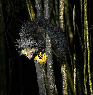 Aye-aye - 14, Palmarium, Madagascar Here it is, the Aye-Aye, the primate woodpecker, rodent, bat or "heh heh", Malagasy for "I don't know". 

"I don't know" is exactly the first thing that popped into my brain upon seeing it. My brain struggled to understand what it was seeing, despite having read about Aye-ayes at a basic level. It just doesn't register or fit into any boxes.

My second thought was that if I would not know any better, I'd go along with the local superstition that this is a demonic animal. 

Science didn't really know either in earlier times. This creature first was considered a rodent, based on its teeth that perpetually grow and thus must constantly be worn down. It took a long time for it to be considered a primate, and specifically a lemur.

A very weird primate. Its ears are huge and have inner ridges similar to bats, optimized for echolocation, making this the only primate to use this.

Echolocation comes into play when its taps its lengthy 3rd finger rapidly on tree tunks to locate insects/larvae inside. Next, it uses its strong teeth to gnawl a hole into the trunk. Finally, it uses its extremely lengthy 4th finger to rapidly pull out the contents, like a machine gun, using a special hooked nail.

I had always imagined the Aye-aye to be kind of like a Koala: small, slow, and vulnerable. I was wrong at every level. It's pretty large, combined with the tail above 1m in length. It's very fast and escapes a scene in about 2 seconds. It's teeth and fingers are not careful or fragile tools, they're like power tools. 

The backstory: from Palmarium, on dry nights, you can take a boat to an uninhabited island. On the island live 6-8 Aye-ayes. They are typically in the canopy of a mangrove forest. Coconuts are strategically placed at a lower level to lure them down. Flash lights and camera flash are disallowed, yet when the lure action is succesful, a relatively weak area light shines on the feeding Aye-aye, which does not seem to disturb them.

Photographing them is challenging due to the lack of flash and the light source being quite weak, but it can be done with some special measures.

To Henriette and me, the Aye-aye was this year's trophy and a proper closure on 3 years of Madagascar, so I'm going to be generous in sharing many shots of this fantastic animal. We're not done with the set though, not quite yet.

https://www.jungledragon.com/image/87321/aye-aye_-_1_palmarium_madagascar.html
https://www.jungledragon.com/image/87322/aye-aye_-_2_palmarium_madagascar.html
https://www.jungledragon.com/image/87323/aye-aye_-_3_palmarium_madagascar.html
https://www.jungledragon.com/image/87324/aye-aye_-_4_palmarium_madagascar.html
https://www.jungledragon.com/image/87325/aye-aye_-_5_palmarium_madagascar.html
https://www.jungledragon.com/image/87326/aye-aye_-_6_palmarium_madagascar.html
https://www.jungledragon.com/image/87327/aye-aye_-_7_palmarium_madagascar.html
https://www.jungledragon.com/image/87328/aye-aye_-_8_palmarium_madagascar.html
https://www.jungledragon.com/image/87329/aye-aye_-_9_palmarium_madagascar.html
https://www.jungledragon.com/image/87330/aye-aye_-_10_palmarium_madagascar.html
https://www.jungledragon.com/image/87331/aye-aye_-_11_palmarium_madagascar.html
https://www.jungledragon.com/image/87332/aye-aye_-_12_palmarium_madagascar.html
https://www.jungledragon.com/image/87333/aye-aye_-_13_palmarium_madagascar.html
https://www.jungledragon.com/image/87335/aye-aye_-_15_palmarium_madagascar.html
https://www.jungledragon.com/image/87336/aye-aye_-_16_palmarium_madagascar.html
https://www.jungledragon.com/image/87337/aye-aye_-_17_palmarium_madagascar.html
https://www.jungledragon.com/image/87338/aye-aye_-_18_palmarium_madagascar.html
https://www.jungledragon.com/image/87339/aye-aye_-_19_palmarium_madagascar.html
https://www.jungledragon.com/image/87340/aye-aye_-_20_palmarium_madagascar.html

https://www.youtube.com/watch?v=295rx5Dqsf4 Africa,Aye-aye,Daubentonia madagascariensis,Geotagged,Madagascar,Madagascar 2019,Palmarium reserve,Winter,World