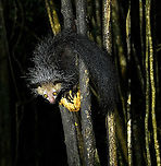 Aye-aye - 14, Palmarium, Madagascar Here it is, the Aye-Aye, the primate woodpecker, rodent, bat or "heh heh", Malagasy for "I don't know". <br />
<br />
"I don't know" is exactly the first thing that popped into my brain upon seeing it. My brain struggled to understand what it was seeing, despite having read about Aye-ayes at a basic level. It just doesn't register or fit into any boxes.<br />
<br />
My second thought was that if I would not know any better, I'd go along with the local superstition that this is a demonic animal. <br />
<br />
Science didn't really know either in earlier times. This creature first was considered a rodent, based on its teeth that perpetually grow and thus must constantly be worn down. It took a long time for it to be considered a primate, and specifically a lemur.<br />
<br />
A very weird primate. Its ears are huge and have inner ridges similar to bats, optimized for echolocation, making this the only primate to use this.<br />
<br />
Echolocation comes into play when its taps its lengthy 3rd finger rapidly on tree tunks to locate insects/larvae inside. Next, it uses its strong teeth to gnawl a hole into the trunk. Finally, it uses its extremely lengthy 4th finger to rapidly pull out the contents, like a machine gun, using a special hooked nail.<br />
<br />
I had always imagined the Aye-aye to be kind of like a Koala: small, slow, and vulnerable. I was wrong at every level. It's pretty large, combined with the tail above 1m in length. It's very fast and escapes a scene in about 2 seconds. It's teeth and fingers are not careful or fragile tools, they're like power tools. <br />
<br />
The backstory: from Palmarium, on dry nights, you can take a boat to an uninhabited island. On the island live 6-8 Aye-ayes. They are typically in the canopy of a mangrove forest. Coconuts are strategically placed at a lower level to lure them down. Flash lights and camera flash are disallowed, yet when the lure action is succesful, a relatively weak area light shines on the feeding Aye-aye, which does not seem to disturb them.<br />
<br />
Photographing them is challenging due to the lack of flash and the light source being quite weak, but it can be done with some special measures.<br />
<br />
To Henriette and me, the Aye-aye was this year's trophy and a proper closure on 3 years of Madagascar, so I'm going to be generous in sharing many shots of this fantastic animal. We're not done with the set though, not quite yet.<br />
<br />
https://www.jungledragon.com/image/87321/aye-aye_-_1_palmarium_madagascar.html<br />
https://www.jungledragon.com/image/87322/aye-aye_-_2_palmarium_madagascar.html<br />
https://www.jungledragon.com/image/87323/aye-aye_-_3_palmarium_madagascar.html<br />
https://www.jungledragon.com/image/87324/aye-aye_-_4_palmarium_madagascar.html<br />
https://www.jungledragon.com/image/87325/aye-aye_-_5_palmarium_madagascar.html<br />
https://www.jungledragon.com/image/87326/aye-aye_-_6_palmarium_madagascar.html<br />
https://www.jungledragon.com/image/87327/aye-aye_-_7_palmarium_madagascar.html<br />
https://www.jungledragon.com/image/87328/aye-aye_-_8_palmarium_madagascar.html<br />
https://www.jungledragon.com/image/87329/aye-aye_-_9_palmarium_madagascar.html<br />
https://www.jungledragon.com/image/87330/aye-aye_-_10_palmarium_madagascar.html<br />
https://www.jungledragon.com/image/87331/aye-aye_-_11_palmarium_madagascar.html<br />
https://www.jungledragon.com/image/87332/aye-aye_-_12_palmarium_madagascar.html<br />
https://www.jungledragon.com/image/87333/aye-aye_-_13_palmarium_madagascar.html<br />
https://www.jungledragon.com/image/87335/aye-aye_-_15_palmarium_madagascar.html<br />
https://www.jungledragon.com/image/87336/aye-aye_-_16_palmarium_madagascar.html<br />
https://www.jungledragon.com/image/87337/aye-aye_-_17_palmarium_madagascar.html<br />
https://www.jungledragon.com/image/87338/aye-aye_-_18_palmarium_madagascar.html<br />
https://www.jungledragon.com/image/87339/aye-aye_-_19_palmarium_madagascar.html<br />
https://www.jungledragon.com/image/87340/aye-aye_-_20_palmarium_madagascar.html<br />
<br />
https://www.youtube.com/watch?v=295rx5Dqsf4 Africa,Aye-aye,Daubentonia madagascariensis,Geotagged,Madagascar,Madagascar 2019,Palmarium reserve,Winter,World