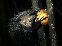 Aye-aye - 15, Palmarium, Madagascar Here it is, the Aye-Aye, the primate woodpecker, rodent, bat or "heh heh", Malagasy for "I don't know". <br />
<br />
"I don't know" is exactly the first thing that popped into my brain upon seeing it. My brain struggled to understand what it was seeing, despite having read about Aye-ayes at a basic level. It just doesn't register or fit into any boxes.<br />
<br />
My second thought was that if I would not know any better, I'd go along with the local superstition that this is a demonic animal. <br />
<br />
Science didn't really know either in earlier times. This creature first was considered a rodent, based on its teeth that perpetually grow and thus must constantly be worn down. It took a long time for it to be considered a primate, and specifically a lemur.<br />
<br />
A very weird primate. Its ears are huge and have inner ridges similar to bats, optimized for echolocation, making this the only primate to use this.<br />
<br />
Echolocation comes into play when its taps its lengthy 3rd finger rapidly on tree tunks to locate insects/larvae inside. Next, it uses its strong teeth to gnawl a hole into the trunk. Finally, it uses its extremely lengthy 4th finger to rapidly pull out the contents, like a machine gun, using a special hooked nail.<br />
<br />
I had always imagined the Aye-aye to be kind of like a Koala: small, slow, and vulnerable. I was wrong at every level. It's pretty large, combined with the tail above 1m in length. It's very fast and escapes a scene in about 2 seconds. It's teeth and fingers are not careful or fragile tools, they're like power tools. <br />
<br />
The backstory: from Palmarium, on dry nights, you can take a boat to an uninhabited island. On the island live 6-8 Aye-ayes. They are typically in the canopy of a mangrove forest. Coconuts are strategically placed at a lower level to lure them down. Flash lights and camera flash are disallowed, yet when the lure action is succesful, a relatively weak area light shines on the feeding Aye-aye, which does not seem to disturb them.<br />
<br />
Photographing them is challenging due to the lack of flash and the light source being quite weak, but it can be done with some special measures.<br />
<br />
To Henriette and me, the Aye-aye was this year's trophy and a proper closure on 3 years of Madagascar, so I'm going to be generous in sharing many shots of this fantastic animal. We're not done with the set though, not quite yet.<br />
<br />
https://www.jungledragon.com/image/87321/aye-aye_-_1_palmarium_madagascar.html<br />
https://www.jungledragon.com/image/87322/aye-aye_-_2_palmarium_madagascar.html<br />
https://www.jungledragon.com/image/87323/aye-aye_-_3_palmarium_madagascar.html<br />
https://www.jungledragon.com/image/87324/aye-aye_-_4_palmarium_madagascar.html<br />
https://www.jungledragon.com/image/87325/aye-aye_-_5_palmarium_madagascar.html<br />
https://www.jungledragon.com/image/87326/aye-aye_-_6_palmarium_madagascar.html<br />
https://www.jungledragon.com/image/87327/aye-aye_-_7_palmarium_madagascar.html<br />
https://www.jungledragon.com/image/87328/aye-aye_-_8_palmarium_madagascar.html<br />
https://www.jungledragon.com/image/87329/aye-aye_-_9_palmarium_madagascar.html<br />
https://www.jungledragon.com/image/87330/aye-aye_-_10_palmarium_madagascar.html<br />
https://www.jungledragon.com/image/87331/aye-aye_-_11_palmarium_madagascar.html<br />
https://www.jungledragon.com/image/87332/aye-aye_-_12_palmarium_madagascar.html<br />
https://www.jungledragon.com/image/87333/aye-aye_-_13_palmarium_madagascar.html<br />
https://www.jungledragon.com/image/87334/aye-aye_-_14_palmarium_madagascar.html<br />
https://www.jungledragon.com/image/87336/aye-aye_-_16_palmarium_madagascar.html<br />
https://www.jungledragon.com/image/87337/aye-aye_-_17_palmarium_madagascar.html<br />
https://www.jungledragon.com/image/87338/aye-aye_-_18_palmarium_madagascar.html<br />
https://www.jungledragon.com/image/87339/aye-aye_-_19_palmarium_madagascar.html<br />
https://www.jungledragon.com/image/87340/aye-aye_-_20_palmarium_madagascar.html<br />
<br />
https://www.youtube.com/watch?v=295rx5Dqsf4 Africa,Aye-aye,Daubentonia madagascariensis,Geotagged,Madagascar,Madagascar 2019,Palmarium reserve,Winter,World