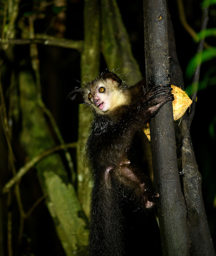Aye-aye - 16, Palmarium, Madagascar Here it is, the Aye-Aye, the primate woodpecker, rodent, bat or "heh heh", Malagasy for "I don't know". <br />
<br />
"I don't know" is exactly the first thing that popped into my brain upon seeing it. My brain struggled to understand what it was seeing, despite having read about Aye-ayes at a basic level. It just doesn't register or fit into any boxes.<br />
<br />
My second thought was that if I would not know any better, I'd go along with the local superstition that this is a demonic animal. <br />
<br />
Science didn't really know either in earlier times. This creature first was considered a rodent, based on its teeth that perpetually grow and thus must constantly be worn down. It took a long time for it to be considered a primate, and specifically a lemur.<br />
<br />
A very weird primate. Its ears are huge and have inner ridges similar to bats, optimized for echolocation, making this the only primate to use this.<br />
<br />
Echolocation comes into play when its taps its lengthy 3rd finger rapidly on tree tunks to locate insects/larvae inside. Next, it uses its strong teeth to gnawl a hole into the trunk. Finally, it uses its extremely lengthy 4th finger to rapidly pull out the contents, like a machine gun, using a special hooked nail.<br />
<br />
I had always imagined the Aye-aye to be kind of like a Koala: small, slow, and vulnerable. I was wrong at every level. It's pretty large, combined with the tail above 1m in length. It's very fast and escapes a scene in about 2 seconds. It's teeth and fingers are not careful or fragile tools, they're like power tools. <br />
<br />
The backstory: from Palmarium, on dry nights, you can take a boat to an uninhabited island. On the island live 6-8 Aye-ayes. They are typically in the canopy of a mangrove forest. Coconuts are strategically placed at a lower level to lure them down. Flash lights and camera flash are disallowed, yet when the lure action is succesful, a relatively weak area light shines on the feeding Aye-aye, which does not seem to disturb them.<br />
<br />
Photographing them is challenging due to the lack of flash and the light source being quite weak, but it can be done with some special measures.<br />
<br />
To Henriette and me, the Aye-aye was this year's trophy and a proper closure on 3 years of Madagascar, so I'm going to be generous in sharing many shots of this fantastic animal. We're not done with the set though, not quite yet.<br />
<br />
<figure class="photo"><a href="https://www.jungledragon.com/image/87321/aye-aye_-_1_palmarium_madagascar.html" title="Aye-aye - 1, Palmarium, Madagascar"><img src="https://s3.amazonaws.com/media.jungledragon.com/images/2/87321_thumb.jpg?AWSAccessKeyId=05GMT0V3GWVNE7GGM1R2&Expires=1769040010&Signature=Q80%2Fg%2FSTK792zaOc8YRRxQmqcrQ%3D" width="200" height="130" alt="Aye-aye - 1, Palmarium, Madagascar Here it is, the Aye-Aye, the primate woodpecker, rodent, bat or "heh heh", Malagasy for "I don't know". <br />
<br />
"I don't know" is exactly the first thing that popped into my brain upon seeing it. My brain struggled to understand what it was seeing, despite having read about Aye-ayes at a basic level. It just doesn't register or fit into any boxes.<br />
<br />
My second thought was that if I would not know any better, I'd go along with the local superstition that this is a demonic animal. <br />
<br />
Science didn't really know either in earlier times. This creature first was considered a rodent, based on its teeth that perpetually grow and thus must constantly be worn down. It took a long time for it to be considered a primate, and specifically a lemur.<br />
<br />
A very weird primate. Its ears are huge and have inner ridges similar to bats, optimized for echolocation, making this the only primate to use this.<br />
<br />
Echolocation comes into play when its taps its lengthy 3rd finger rapidly on tree tunks to locate insects/larvae inside. Next, it uses its strong teeth to gnawl a hole into the trunk. Finally, it uses its extremely lengthy 4th finger to rapidly pull out the contents, like a machine gun, using a special hooked nail.<br />
<br />
I had always imagined the Aye-aye to be kind of like a Koala: small, slow, and vulnerable. I was wrong at every level. It's pretty large, combined with the tail above 1m in length. It's very fast and escapes a scene in about 2 seconds. It's teeth and fingers are not careful or fragile tools, they're like power tools. <br />
<br />
The backstory: from Palmarium, on dry nights, you can take a boat to an uninhabited island. On the island live 6-8 Aye-ayes. They are typically in the canopy of a mangrove forest. Coconuts are strategically placed at a lower level to lure them down. Flash lights and camera flash are disallowed, yet when the lure action is succesful, a relatively weak area light shines on the feeding Aye-aye, which does not seem to disturb them.<br />
<br />
Photographing them is challenging due to the lack of flash and the light source being quite weak, but it can be done with some special measures.<br />
<br />
To Henriette and me, the Aye-aye was this year's trophy and a proper closure on 3 years of Madagascar, so I'm going to be generous in sharing many shots of this fantastic animal. We're not done with the set though, not quite yet.<br />
<br />
https://www.jungledragon.com/image/87322/aye-aye_-_2_palmarium_madagascar.html<br />
https://www.jungledragon.com/image/87323/aye-aye_-_3_palmarium_madagascar.html<br />
https://www.jungledragon.com/image/87324/aye-aye_-_4_palmarium_madagascar.html<br />
https://www.jungledragon.com/image/87325/aye-aye_-_5_palmarium_madagascar.html<br />
https://www.jungledragon.com/image/87326/aye-aye_-_6_palmarium_madagascar.html<br />
https://www.jungledragon.com/image/87327/aye-aye_-_7_palmarium_madagascar.html<br />
https://www.jungledragon.com/image/87328/aye-aye_-_8_palmarium_madagascar.html<br />
https://www.jungledragon.com/image/87329/aye-aye_-_9_palmarium_madagascar.html<br />
https://www.jungledragon.com/image/87330/aye-aye_-_10_palmarium_madagascar.html<br />
https://www.jungledragon.com/image/87331/aye-aye_-_11_palmarium_madagascar.html<br />
https://www.jungledragon.com/image/87332/aye-aye_-_12_palmarium_madagascar.html<br />
https://www.jungledragon.com/image/87333/aye-aye_-_13_palmarium_madagascar.html<br />
https://www.jungledragon.com/image/87334/aye-aye_-_14_palmarium_madagascar.html<br />
https://www.jungledragon.com/image/87335/aye-aye_-_15_palmarium_madagascar.html<br />
https://www.jungledragon.com/image/87336/aye-aye_-_16_palmarium_madagascar.html<br />
https://www.jungledragon.com/image/87337/aye-aye_-_17_palmarium_madagascar.html<br />
https://www.jungledragon.com/image/87338/aye-aye_-_18_palmarium_madagascar.html<br />
https://www.jungledragon.com/image/87339/aye-aye_-_19_palmarium_madagascar.html<br />
https://www.jungledragon.com/image/87340/aye-aye_-_20_palmarium_madagascar.html<br />
<br />
https://www.youtube.com/watch?v=295rx5Dqsf4 Africa,Aye-aye,Daubentonia madagascariensis,Geotagged,Madagascar,Madagascar 2019,Palmarium reserve,Winter,World" /></a></figure><br />
<figure class="photo"><a href="https://www.jungledragon.com/image/87322/aye-aye_-_2_palmarium_madagascar.html" title="Aye-aye - 2, Palmarium, Madagascar"><img src="https://s3.amazonaws.com/media.jungledragon.com/images/2/87322_thumb.jpg?AWSAccessKeyId=05GMT0V3GWVNE7GGM1R2&Expires=1769040010&Signature=fq3gSpSrNfOGX%2FS%2FDZ%2FQzZ48zDw%3D" width="144" height="152" alt="Aye-aye - 2, Palmarium, Madagascar Here it is, the Aye-Aye, the primate woodpecker, rodent, bat or "heh heh", Malagasy for "I don't know". <br />
<br />
"I don't know" is exactly the first thing that popped into my brain upon seeing it. My brain struggled to understand what it was seeing, despite having read about Aye-ayes at a basic level. It just doesn't register or fit into any boxes.<br />
<br />
My second thought was that if I would not know any better, I'd go along with the local superstition that this is a demonic animal. <br />
<br />
Science didn't really know either in earlier times. This creature first was considered a rodent, based on its teeth that perpetually grow and thus must constantly be worn down. It took a long time for it to be considered a primate, and specifically a lemur.<br />
<br />
A very weird primate. Its ears are huge and have inner ridges similar to bats, optimized for echolocation, making this the only primate to use this.<br />
<br />
Echolocation comes into play when its taps its lengthy 3rd finger rapidly on tree tunks to locate insects/larvae inside. Next, it uses its strong teeth to gnawl a hole into the trunk. Finally, it uses its extremely lengthy 4th finger to rapidly pull out the contents, like a machine gun, using a special hooked nail.<br />
<br />
I had always imagined the Aye-aye to be kind of like a Koala: small, slow, and vulnerable. I was wrong at every level. It's pretty large, combined with the tail above 1m in length. It's very fast and escapes a scene in about 2 seconds. It's teeth and fingers are not careful or fragile tools, they're like power tools. <br />
<br />
The backstory: from Palmarium, on dry nights, you can take a boat to an uninhabited island. On the island live 6-8 Aye-ayes. They are typically in the canopy of a mangrove forest. Coconuts are strategically placed at a lower level to lure them down. Flash lights and camera flash are disallowed, yet when the lure action is succesful, a relatively weak area light shines on the feeding Aye-aye, which does not seem to disturb them.<br />
<br />
Photographing them is challenging due to the lack of flash and the light source being quite weak, but it can be done with some special measures.<br />
<br />
To Henriette and me, the Aye-aye was this year's trophy and a proper closure on 3 years of Madagascar, so I'm going to be generous in sharing many shots of this fantastic animal. We're not done with the set though, not quite yet.<br />
<br />
https://www.jungledragon.com/image/87321/aye-aye_-_1_palmarium_madagascar.html<br />
https://www.jungledragon.com/image/87323/aye-aye_-_3_palmarium_madagascar.html<br />
https://www.jungledragon.com/image/87324/aye-aye_-_4_palmarium_madagascar.html<br />
https://www.jungledragon.com/image/87325/aye-aye_-_5_palmarium_madagascar.html<br />
https://www.jungledragon.com/image/87326/aye-aye_-_6_palmarium_madagascar.html<br />
https://www.jungledragon.com/image/87327/aye-aye_-_7_palmarium_madagascar.html<br />
https://www.jungledragon.com/image/87328/aye-aye_-_8_palmarium_madagascar.html<br />
https://www.jungledragon.com/image/87329/aye-aye_-_9_palmarium_madagascar.html<br />
https://www.jungledragon.com/image/87330/aye-aye_-_10_palmarium_madagascar.html<br />
https://www.jungledragon.com/image/87331/aye-aye_-_11_palmarium_madagascar.html<br />
https://www.jungledragon.com/image/87332/aye-aye_-_12_palmarium_madagascar.html<br />
https://www.jungledragon.com/image/87333/aye-aye_-_13_palmarium_madagascar.html<br />
https://www.jungledragon.com/image/87334/aye-aye_-_14_palmarium_madagascar.html<br />
https://www.jungledragon.com/image/87335/aye-aye_-_15_palmarium_madagascar.html<br />
https://www.jungledragon.com/image/87336/aye-aye_-_16_palmarium_madagascar.html<br />
https://www.jungledragon.com/image/87337/aye-aye_-_17_palmarium_madagascar.html<br />
https://www.jungledragon.com/image/87338/aye-aye_-_18_palmarium_madagascar.html<br />
https://www.jungledragon.com/image/87339/aye-aye_-_19_palmarium_madagascar.html<br />
https://www.jungledragon.com/image/87340/aye-aye_-_20_palmarium_madagascar.html<br />
<br />
https://www.youtube.com/watch?v=295rx5Dqsf4 Africa,Aye-aye,Daubentonia madagascariensis,Geotagged,Madagascar,Madagascar 2019,Palmarium reserve,Winter,World" /></a></figure><br />
<figure class="photo"><a href="https://www.jungledragon.com/image/87323/aye-aye_-_3_palmarium_madagascar.html" title="Aye-aye - 3, Palmarium, Madagascar"><img src="https://s3.amazonaws.com/media.jungledragon.com/images/2/87323_thumb.jpg?AWSAccessKeyId=05GMT0V3GWVNE7GGM1R2&Expires=1769040010&Signature=upoawRS%2BQ7RfocEsGBX%2FnG9Mm6M%3D" width="124" height="152" alt="Aye-aye - 3, Palmarium, Madagascar Here it is, the Aye-Aye, the primate woodpecker, rodent, bat or "heh heh", Malagasy for "I don't know". <br />
<br />
"I don't know" is exactly the first thing that popped into my brain upon seeing it. My brain struggled to understand what it was seeing, despite having read about Aye-ayes at a basic level. It just doesn't register or fit into any boxes.<br />
<br />
My second thought was that if I would not know any better, I'd go along with the local superstition that this is a demonic animal. <br />
<br />
Science didn't really know either in earlier times. This creature first was considered a rodent, based on its teeth that perpetually grow and thus must constantly be worn down. It took a long time for it to be considered a primate, and specifically a lemur.<br />
<br />
A very weird primate. Its ears are huge and have inner ridges similar to bats, optimized for echolocation, making this the only primate to use this.<br />
<br />
Echolocation comes into play when its taps its lengthy 3rd finger rapidly on tree tunks to locate insects/larvae inside. Next, it uses its strong teeth to gnawl a hole into the trunk. Finally, it uses its extremely lengthy 4th finger to rapidly pull out the contents, like a machine gun, using a special hooked nail.<br />
<br />
I had always imagined the Aye-aye to be kind of like a Koala: small, slow, and vulnerable. I was wrong at every level. It's pretty large, combined with the tail above 1m in length. It's very fast and escapes a scene in about 2 seconds. It's teeth and fingers are not careful or fragile tools, they're like power tools. <br />
<br />
The backstory: from Palmarium, on dry nights, you can take a boat to an uninhabited island. On the island live 6-8 Aye-ayes. They are typically in the canopy of a mangrove forest. Coconuts are strategically placed at a lower level to lure them down. Flash lights and camera flash are disallowed, yet when the lure action is succesful, a relatively weak area light shines on the feeding Aye-aye, which does not seem to disturb them.<br />
<br />
Photographing them is challenging due to the lack of flash and the light source being quite weak, but it can be done with some special measures.<br />
<br />
To Henriette and me, the Aye-aye was this year's trophy and a proper closure on 3 years of Madagascar, so I'm going to be generous in sharing many shots of this fantastic animal. We're not done with the set though, not quite yet.<br />
<br />
https://www.jungledragon.com/image/87321/aye-aye_-_1_palmarium_madagascar.html<br />
https://www.jungledragon.com/image/87322/aye-aye_-_2_palmarium_madagascar.html<br />
https://www.jungledragon.com/image/87324/aye-aye_-_4_palmarium_madagascar.html<br />
https://www.jungledragon.com/image/87325/aye-aye_-_5_palmarium_madagascar.html<br />
https://www.jungledragon.com/image/87326/aye-aye_-_6_palmarium_madagascar.html<br />
https://www.jungledragon.com/image/87327/aye-aye_-_7_palmarium_madagascar.html<br />
https://www.jungledragon.com/image/87328/aye-aye_-_8_palmarium_madagascar.html<br />
https://www.jungledragon.com/image/87329/aye-aye_-_9_palmarium_madagascar.html<br />
https://www.jungledragon.com/image/87330/aye-aye_-_10_palmarium_madagascar.html<br />
https://www.jungledragon.com/image/87331/aye-aye_-_11_palmarium_madagascar.html<br />
https://www.jungledragon.com/image/87332/aye-aye_-_12_palmarium_madagascar.html<br />
https://www.jungledragon.com/image/87333/aye-aye_-_13_palmarium_madagascar.html<br />
https://www.jungledragon.com/image/87334/aye-aye_-_14_palmarium_madagascar.html<br />
https://www.jungledragon.com/image/87335/aye-aye_-_15_palmarium_madagascar.html<br />
https://www.jungledragon.com/image/87336/aye-aye_-_16_palmarium_madagascar.html<br />
https://www.jungledragon.com/image/87337/aye-aye_-_17_palmarium_madagascar.html<br />
https://www.jungledragon.com/image/87338/aye-aye_-_18_palmarium_madagascar.html<br />
https://www.jungledragon.com/image/87339/aye-aye_-_19_palmarium_madagascar.html<br />
https://www.jungledragon.com/image/87340/aye-aye_-_20_palmarium_madagascar.html<br />
<br />
https://www.youtube.com/watch?v=295rx5Dqsf4 Africa,Aye-aye,Daubentonia madagascariensis,Madagascar,Madagascar 2019,Palmarium reserve,World" /></a></figure><br />
<figure class="photo"><a href="https://www.jungledragon.com/image/87324/aye-aye_-_4_palmarium_madagascar.html" title="Aye-aye - 4, Palmarium, Madagascar"><img src="https://s3.amazonaws.com/media.jungledragon.com/images/2/87324_thumb.jpg?AWSAccessKeyId=05GMT0V3GWVNE7GGM1R2&Expires=1769040010&Signature=GpGYddqigXlzVQ4C4D7%2BCmJKGZE%3D" width="200" height="166" alt="Aye-aye - 4, Palmarium, Madagascar Here it is, the Aye-Aye, the primate woodpecker, rodent, bat or "heh heh", Malagasy for "I don't know". <br />
<br />
"I don't know" is exactly the first thing that popped into my brain upon seeing it. My brain struggled to understand what it was seeing, despite having read about Aye-ayes at a basic level. It just doesn't register or fit into any boxes.<br />
<br />
My second thought was that if I would not know any better, I'd go along with the local superstition that this is a demonic animal. <br />
<br />
Science didn't really know either in earlier times. This creature first was considered a rodent, based on its teeth that perpetually grow and thus must constantly be worn down. It took a long time for it to be considered a primate, and specifically a lemur.<br />
<br />
A very weird primate. Its ears are huge and have inner ridges similar to bats, optimized for echolocation, making this the only primate to use this.<br />
<br />
Echolocation comes into play when its taps its lengthy 3rd finger rapidly on tree tunks to locate insects/larvae inside. Next, it uses its strong teeth to gnawl a hole into the trunk. Finally, it uses its extremely lengthy 4th finger to rapidly pull out the contents, like a machine gun, using a special hooked nail.<br />
<br />
I had always imagined the Aye-aye to be kind of like a Koala: small, slow, and vulnerable. I was wrong at every level. It's pretty large, combined with the tail above 1m in length. It's very fast and escapes a scene in about 2 seconds. It's teeth and fingers are not careful or fragile tools, they're like power tools. <br />
<br />
The backstory: from Palmarium, on dry nights, you can take a boat to an uninhabited island. On the island live 6-8 Aye-ayes. They are typically in the canopy of a mangrove forest. Coconuts are strategically placed at a lower level to lure them down. Flash lights and camera flash are disallowed, yet when the lure action is succesful, a relatively weak area light shines on the feeding Aye-aye, which does not seem to disturb them.<br />
<br />
Photographing them is challenging due to the lack of flash and the light source being quite weak, but it can be done with some special measures.<br />
<br />
To Henriette and me, the Aye-aye was this year's trophy and a proper closure on 3 years of Madagascar, so I'm going to be generous in sharing many shots of this fantastic animal. We're not done with the set though, not quite yet.<br />
<br />
https://www.jungledragon.com/image/87321/aye-aye_-_1_palmarium_madagascar.html<br />
https://www.jungledragon.com/image/87322/aye-aye_-_2_palmarium_madagascar.html<br />
https://www.jungledragon.com/image/87323/aye-aye_-_3_palmarium_madagascar.html<br />
https://www.jungledragon.com/image/87325/aye-aye_-_5_palmarium_madagascar.html<br />
https://www.jungledragon.com/image/87326/aye-aye_-_6_palmarium_madagascar.html<br />
https://www.jungledragon.com/image/87327/aye-aye_-_7_palmarium_madagascar.html<br />
https://www.jungledragon.com/image/87328/aye-aye_-_8_palmarium_madagascar.html<br />
https://www.jungledragon.com/image/87329/aye-aye_-_9_palmarium_madagascar.html<br />
https://www.jungledragon.com/image/87330/aye-aye_-_10_palmarium_madagascar.html<br />
https://www.jungledragon.com/image/87331/aye-aye_-_11_palmarium_madagascar.html<br />
https://www.jungledragon.com/image/87332/aye-aye_-_12_palmarium_madagascar.html<br />
https://www.jungledragon.com/image/87333/aye-aye_-_13_palmarium_madagascar.html<br />
https://www.jungledragon.com/image/87334/aye-aye_-_14_palmarium_madagascar.html<br />
https://www.jungledragon.com/image/87335/aye-aye_-_15_palmarium_madagascar.html<br />
https://www.jungledragon.com/image/87336/aye-aye_-_16_palmarium_madagascar.html<br />
https://www.jungledragon.com/image/87337/aye-aye_-_17_palmarium_madagascar.html<br />
https://www.jungledragon.com/image/87338/aye-aye_-_18_palmarium_madagascar.html<br />
https://www.jungledragon.com/image/87339/aye-aye_-_19_palmarium_madagascar.html<br />
https://www.jungledragon.com/image/87340/aye-aye_-_20_palmarium_madagascar.html<br />
<br />
https://www.youtube.com/watch?v=295rx5Dqsf4 Africa,Aye-aye,Daubentonia madagascariensis,Geotagged,Madagascar,Madagascar 2019,Palmarium reserve,Winter,World" /></a></figure><br />
<figure class="photo"><a href="https://www.jungledragon.com/image/87325/aye-aye_-_5_palmarium_madagascar.html" title="Aye-aye - 5, Palmarium, Madagascar"><img src="https://s3.amazonaws.com/media.jungledragon.com/images/2/87325_thumb.jpg?AWSAccessKeyId=05GMT0V3GWVNE7GGM1R2&Expires=1769040010&Signature=WxRGCKYH%2BikX6wq8BZfkfXZ%2Fs5M%3D" width="200" height="134" alt="Aye-aye - 5, Palmarium, Madagascar Here it is, the Aye-Aye, the primate woodpecker, rodent, bat or "heh heh", Malagasy for "I don't know". <br />
<br />
"I don't know" is exactly the first thing that popped into my brain upon seeing it. My brain struggled to understand what it was seeing, despite having read about Aye-ayes at a basic level. It just doesn't register or fit into any boxes.<br />
<br />
My second thought was that if I would not know any better, I'd go along with the local superstition that this is a demonic animal. <br />
<br />
Science didn't really know either in earlier times. This creature first was considered a rodent, based on its teeth that perpetually grow and thus must constantly be worn down. It took a long time for it to be considered a primate, and specifically a lemur.<br />
<br />
A very weird primate. Its ears are huge and have inner ridges similar to bats, optimized for echolocation, making this the only primate to use this.<br />
<br />
Echolocation comes into play when its taps its lengthy 3rd finger rapidly on tree tunks to locate insects/larvae inside. Next, it uses its strong teeth to gnawl a hole into the trunk. Finally, it uses its extremely lengthy 4th finger to rapidly pull out the contents, like a machine gun, using a special hooked nail.<br />
<br />
I had always imagined the Aye-aye to be kind of like a Koala: small, slow, and vulnerable. I was wrong at every level. It's pretty large, combined with the tail above 1m in length. It's very fast and escapes a scene in about 2 seconds. It's teeth and fingers are not careful or fragile tools, they're like power tools. <br />
<br />
The backstory: from Palmarium, on dry nights, you can take a boat to an uninhabited island. On the island live 6-8 Aye-ayes. They are typically in the canopy of a mangrove forest. Coconuts are strategically placed at a lower level to lure them down. Flash lights and camera flash are disallowed, yet when the lure action is succesful, a relatively weak area light shines on the feeding Aye-aye, which does not seem to disturb them.<br />
<br />
Photographing them is challenging due to the lack of flash and the light source being quite weak, but it can be done with some special measures.<br />
<br />
To Henriette and me, the Aye-aye was this year's trophy and a proper closure on 3 years of Madagascar, so I'm going to be generous in sharing many shots of this fantastic animal. We're not done with the set though, not quite yet.<br />
<br />
https://www.jungledragon.com/image/87321/aye-aye_-_1_palmarium_madagascar.html<br />
https://www.jungledragon.com/image/87322/aye-aye_-_2_palmarium_madagascar.html<br />
https://www.jungledragon.com/image/87323/aye-aye_-_3_palmarium_madagascar.html<br />
https://www.jungledragon.com/image/87324/aye-aye_-_4_palmarium_madagascar.html<br />
https://www.jungledragon.com/image/87326/aye-aye_-_6_palmarium_madagascar.html<br />
https://www.jungledragon.com/image/87327/aye-aye_-_7_palmarium_madagascar.html<br />
https://www.jungledragon.com/image/87328/aye-aye_-_8_palmarium_madagascar.html<br />
https://www.jungledragon.com/image/87329/aye-aye_-_9_palmarium_madagascar.html<br />
https://www.jungledragon.com/image/87330/aye-aye_-_10_palmarium_madagascar.html<br />
https://www.jungledragon.com/image/87331/aye-aye_-_11_palmarium_madagascar.html<br />
https://www.jungledragon.com/image/87332/aye-aye_-_12_palmarium_madagascar.html<br />
https://www.jungledragon.com/image/87333/aye-aye_-_13_palmarium_madagascar.html<br />
https://www.jungledragon.com/image/87334/aye-aye_-_14_palmarium_madagascar.html<br />
https://www.jungledragon.com/image/87335/aye-aye_-_15_palmarium_madagascar.html<br />
https://www.jungledragon.com/image/87336/aye-aye_-_16_palmarium_madagascar.html<br />
https://www.jungledragon.com/image/87337/aye-aye_-_17_palmarium_madagascar.html<br />
https://www.jungledragon.com/image/87338/aye-aye_-_18_palmarium_madagascar.html<br />
https://www.jungledragon.com/image/87339/aye-aye_-_19_palmarium_madagascar.html<br />
https://www.jungledragon.com/image/87340/aye-aye_-_20_palmarium_madagascar.html<br />
<br />
https://www.youtube.com/watch?v=295rx5Dqsf4 Africa,Aye-aye,Daubentonia madagascariensis,Geotagged,Madagascar,Madagascar 2019,Palmarium reserve,Winter,World" /></a></figure><br />
<figure class="photo"><a href="https://www.jungledragon.com/image/87326/aye-aye_-_6_palmarium_madagascar.html" title="Aye-aye - 6, Palmarium, Madagascar"><img src="https://s3.amazonaws.com/media.jungledragon.com/images/2/87326_thumb.jpg?AWSAccessKeyId=05GMT0V3GWVNE7GGM1R2&Expires=1769040010&Signature=TY%2BHdeyWAp%2FfY6rVeq9%2FziTLejE%3D" width="102" height="152" alt="Aye-aye - 6, Palmarium, Madagascar Here it is, the Aye-Aye, the primate woodpecker, rodent, bat or "heh heh", Malagasy for "I don't know". <br />
<br />
"I don't know" is exactly the first thing that popped into my brain upon seeing it. My brain struggled to understand what it was seeing, despite having read about Aye-ayes at a basic level. It just doesn't register or fit into any boxes.<br />
<br />
My second thought was that if I would not know any better, I'd go along with the local superstition that this is a demonic animal. <br />
<br />
Science didn't really know either in earlier times. This creature first was considered a rodent, based on its teeth that perpetually grow and thus must constantly be worn down. It took a long time for it to be considered a primate, and specifically a lemur.<br />
<br />
A very weird primate. Its ears are huge and have inner ridges similar to bats, optimized for echolocation, making this the only primate to use this.<br />
<br />
Echolocation comes into play when its taps its lengthy 3rd finger rapidly on tree tunks to locate insects/larvae inside. Next, it uses its strong teeth to gnawl a hole into the trunk. Finally, it uses its extremely lengthy 4th finger to rapidly pull out the contents, like a machine gun, using a special hooked nail.<br />
<br />
I had always imagined the Aye-aye to be kind of like a Koala: small, slow, and vulnerable. I was wrong at every level. It's pretty large, combined with the tail above 1m in length. It's very fast and escapes a scene in about 2 seconds. It's teeth and fingers are not careful or fragile tools, they're like power tools. <br />
<br />
The backstory: from Palmarium, on dry nights, you can take a boat to an uninhabited island. On the island live 6-8 Aye-ayes. They are typically in the canopy of a mangrove forest. Coconuts are strategically placed at a lower level to lure them down. Flash lights and camera flash are disallowed, yet when the lure action is succesful, a relatively weak area light shines on the feeding Aye-aye, which does not seem to disturb them.<br />
<br />
Photographing them is challenging due to the lack of flash and the light source being quite weak, but it can be done with some special measures.<br />
<br />
To Henriette and me, the Aye-aye was this year's trophy and a proper closure on 3 years of Madagascar, so I'm going to be generous in sharing many shots of this fantastic animal. We're not done with the set though, not quite yet.<br />
<br />
https://www.jungledragon.com/image/87321/aye-aye_-_1_palmarium_madagascar.html<br />
https://www.jungledragon.com/image/87322/aye-aye_-_2_palmarium_madagascar.html<br />
https://www.jungledragon.com/image/87323/aye-aye_-_3_palmarium_madagascar.html<br />
https://www.jungledragon.com/image/87324/aye-aye_-_4_palmarium_madagascar.html<br />
https://www.jungledragon.com/image/87325/aye-aye_-_5_palmarium_madagascar.html<br />
https://www.jungledragon.com/image/87327/aye-aye_-_7_palmarium_madagascar.html<br />
https://www.jungledragon.com/image/87328/aye-aye_-_8_palmarium_madagascar.html<br />
https://www.jungledragon.com/image/87329/aye-aye_-_9_palmarium_madagascar.html<br />
https://www.jungledragon.com/image/87330/aye-aye_-_10_palmarium_madagascar.html<br />
https://www.jungledragon.com/image/87331/aye-aye_-_11_palmarium_madagascar.html<br />
https://www.jungledragon.com/image/87332/aye-aye_-_12_palmarium_madagascar.html<br />
https://www.jungledragon.com/image/87333/aye-aye_-_13_palmarium_madagascar.html<br />
https://www.jungledragon.com/image/87334/aye-aye_-_14_palmarium_madagascar.html<br />
https://www.jungledragon.com/image/87335/aye-aye_-_15_palmarium_madagascar.html<br />
https://www.jungledragon.com/image/87336/aye-aye_-_16_palmarium_madagascar.html<br />
https://www.jungledragon.com/image/87337/aye-aye_-_17_palmarium_madagascar.html<br />
https://www.jungledragon.com/image/87338/aye-aye_-_18_palmarium_madagascar.html<br />
https://www.jungledragon.com/image/87339/aye-aye_-_19_palmarium_madagascar.html<br />
https://www.jungledragon.com/image/87340/aye-aye_-_20_palmarium_madagascar.html<br />
<br />
https://www.youtube.com/watch?v=295rx5Dqsf4 Africa,Aye-aye,Daubentonia madagascariensis,Geotagged,Madagascar,Madagascar 2019,Palmarium reserve,Winter,World" /></a></figure><br />
<figure class="photo"><a href="https://www.jungledragon.com/image/87327/aye-aye_-_7_palmarium_madagascar.html" title="Aye-aye - 7, Palmarium, Madagascar"><img src="https://s3.amazonaws.com/media.jungledragon.com/images/2/87327_thumb.jpg?AWSAccessKeyId=05GMT0V3GWVNE7GGM1R2&Expires=1769040010&Signature=ARhuyHs3BqYFnBLVmXZ5dJ7p8lE%3D" width="200" height="170" alt="Aye-aye - 7, Palmarium, Madagascar Here it is, the Aye-Aye, the primate woodpecker, rodent, bat or "heh heh", Malagasy for "I don't know". <br />
<br />
"I don't know" is exactly the first thing that popped into my brain upon seeing it. My brain struggled to understand what it was seeing, despite having read about Aye-ayes at a basic level. It just doesn't register or fit into any boxes.<br />
<br />
My second thought was that if I would not know any better, I'd go along with the local superstition that this is a demonic animal. <br />
<br />
Science didn't really know either in earlier times. This creature first was considered a rodent, based on its teeth that perpetually grow and thus must constantly be worn down. It took a long time for it to be considered a primate, and specifically a lemur.<br />
<br />
A very weird primate. Its ears are huge and have inner ridges similar to bats, optimized for echolocation, making this the only primate to use this.<br />
<br />
Echolocation comes into play when its taps its lengthy 3rd finger rapidly on tree tunks to locate insects/larvae inside. Next, it uses its strong teeth to gnawl a hole into the trunk. Finally, it uses its extremely lengthy 4th finger to rapidly pull out the contents, like a machine gun, using a special hooked nail.<br />
<br />
I had always imagined the Aye-aye to be kind of like a Koala: small, slow, and vulnerable. I was wrong at every level. It's pretty large, combined with the tail above 1m in length. It's very fast and escapes a scene in about 2 seconds. It's teeth and fingers are not careful or fragile tools, they're like power tools. <br />
<br />
The backstory: from Palmarium, on dry nights, you can take a boat to an uninhabited island. On the island live 6-8 Aye-ayes. They are typically in the canopy of a mangrove forest. Coconuts are strategically placed at a lower level to lure them down. Flash lights and camera flash are disallowed, yet when the lure action is succesful, a relatively weak area light shines on the feeding Aye-aye, which does not seem to disturb them.<br />
<br />
Photographing them is challenging due to the lack of flash and the light source being quite weak, but it can be done with some special measures.<br />
<br />
To Henriette and me, the Aye-aye was this year's trophy and a proper closure on 3 years of Madagascar, so I'm going to be generous in sharing many shots of this fantastic animal. We're not done with the set though, not quite yet.<br />
<br />
https://www.jungledragon.com/image/87321/aye-aye_-_1_palmarium_madagascar.html<br />
https://www.jungledragon.com/image/87322/aye-aye_-_2_palmarium_madagascar.html<br />
https://www.jungledragon.com/image/87323/aye-aye_-_3_palmarium_madagascar.html<br />
https://www.jungledragon.com/image/87324/aye-aye_-_4_palmarium_madagascar.html<br />
https://www.jungledragon.com/image/87325/aye-aye_-_5_palmarium_madagascar.html<br />
https://www.jungledragon.com/image/87326/aye-aye_-_6_palmarium_madagascar.html<br />
https://www.jungledragon.com/image/87328/aye-aye_-_8_palmarium_madagascar.html<br />
https://www.jungledragon.com/image/87329/aye-aye_-_9_palmarium_madagascar.html<br />
https://www.jungledragon.com/image/87330/aye-aye_-_10_palmarium_madagascar.html<br />
https://www.jungledragon.com/image/87331/aye-aye_-_11_palmarium_madagascar.html<br />
https://www.jungledragon.com/image/87332/aye-aye_-_12_palmarium_madagascar.html<br />
https://www.jungledragon.com/image/87333/aye-aye_-_13_palmarium_madagascar.html<br />
https://www.jungledragon.com/image/87334/aye-aye_-_14_palmarium_madagascar.html<br />
https://www.jungledragon.com/image/87335/aye-aye_-_15_palmarium_madagascar.html<br />
https://www.jungledragon.com/image/87336/aye-aye_-_16_palmarium_madagascar.html<br />
https://www.jungledragon.com/image/87337/aye-aye_-_17_palmarium_madagascar.html<br />
https://www.jungledragon.com/image/87338/aye-aye_-_18_palmarium_madagascar.html<br />
https://www.jungledragon.com/image/87339/aye-aye_-_19_palmarium_madagascar.html<br />
https://www.jungledragon.com/image/87340/aye-aye_-_20_palmarium_madagascar.html<br />
<br />
https://www.youtube.com/watch?v=295rx5Dqsf4 Africa,Aye-aye,Daubentonia madagascariensis,Geotagged,Madagascar,Madagascar 2019,Palmarium reserve,Winter,World" /></a></figure><br />
<figure class="photo"><a href="https://www.jungledragon.com/image/87328/aye-aye_-_8_palmarium_madagascar.html" title="Aye-aye - 8, Palmarium, Madagascar"><img src="https://s3.amazonaws.com/media.jungledragon.com/images/2/87328_thumb.jpg?AWSAccessKeyId=05GMT0V3GWVNE7GGM1R2&Expires=1769040010&Signature=M6dJy%2FkYGJMrfwWhYIud7PL13IE%3D" width="126" height="152" alt="Aye-aye - 8, Palmarium, Madagascar Here it is, the Aye-Aye, the primate woodpecker, rodent, bat or "heh heh", Malagasy for "I don't know". <br />
<br />
"I don't know" is exactly the first thing that popped into my brain upon seeing it. My brain struggled to understand what it was seeing, despite having read about Aye-ayes at a basic level. It just doesn't register or fit into any boxes.<br />
<br />
My second thought was that if I would not know any better, I'd go along with the local superstition that this is a demonic animal. <br />
<br />
Science didn't really know either in earlier times. This creature first was considered a rodent, based on its teeth that perpetually grow and thus must constantly be worn down. It took a long time for it to be considered a primate, and specifically a lemur.<br />
<br />
A very weird primate. Its ears are huge and have inner ridges similar to bats, optimized for echolocation, making this the only primate to use this.<br />
<br />
Echolocation comes into play when its taps its lengthy 3rd finger rapidly on tree tunks to locate insects/larvae inside. Next, it uses its strong teeth to gnawl a hole into the trunk. Finally, it uses its extremely lengthy 4th finger to rapidly pull out the contents, like a machine gun, using a special hooked nail.<br />
<br />
I had always imagined the Aye-aye to be kind of like a Koala: small, slow, and vulnerable. I was wrong at every level. It's pretty large, combined with the tail above 1m in length. It's very fast and escapes a scene in about 2 seconds. It's teeth and fingers are not careful or fragile tools, they're like power tools. <br />
<br />
The backstory: from Palmarium, on dry nights, you can take a boat to an uninhabited island. On the island live 6-8 Aye-ayes. They are typically in the canopy of a mangrove forest. Coconuts are strategically placed at a lower level to lure them down. Flash lights and camera flash are disallowed, yet when the lure action is succesful, a relatively weak area light shines on the feeding Aye-aye, which does not seem to disturb them.<br />
<br />
Photographing them is challenging due to the lack of flash and the light source being quite weak, but it can be done with some special measures.<br />
<br />
To Henriette and me, the Aye-aye was this year's trophy and a proper closure on 3 years of Madagascar, so I'm going to be generous in sharing many shots of this fantastic animal. We're not done with the set though, not quite yet.<br />
<br />
https://www.jungledragon.com/image/87321/aye-aye_-_1_palmarium_madagascar.html<br />
https://www.jungledragon.com/image/87322/aye-aye_-_2_palmarium_madagascar.html<br />
https://www.jungledragon.com/image/87323/aye-aye_-_3_palmarium_madagascar.html<br />
https://www.jungledragon.com/image/87324/aye-aye_-_4_palmarium_madagascar.html<br />
https://www.jungledragon.com/image/87325/aye-aye_-_5_palmarium_madagascar.html<br />
https://www.jungledragon.com/image/87326/aye-aye_-_6_palmarium_madagascar.html<br />
https://www.jungledragon.com/image/87327/aye-aye_-_7_palmarium_madagascar.html<br />
https://www.jungledragon.com/image/87329/aye-aye_-_9_palmarium_madagascar.html<br />
https://www.jungledragon.com/image/87330/aye-aye_-_10_palmarium_madagascar.html<br />
https://www.jungledragon.com/image/87331/aye-aye_-_11_palmarium_madagascar.html<br />
https://www.jungledragon.com/image/87332/aye-aye_-_12_palmarium_madagascar.html<br />
https://www.jungledragon.com/image/87333/aye-aye_-_13_palmarium_madagascar.html<br />
https://www.jungledragon.com/image/87334/aye-aye_-_14_palmarium_madagascar.html<br />
https://www.jungledragon.com/image/87335/aye-aye_-_15_palmarium_madagascar.html<br />
https://www.jungledragon.com/image/87336/aye-aye_-_16_palmarium_madagascar.html<br />
https://www.jungledragon.com/image/87337/aye-aye_-_17_palmarium_madagascar.html<br />
https://www.jungledragon.com/image/87338/aye-aye_-_18_palmarium_madagascar.html<br />
https://www.jungledragon.com/image/87339/aye-aye_-_19_palmarium_madagascar.html<br />
https://www.jungledragon.com/image/87340/aye-aye_-_20_palmarium_madagascar.html<br />
<br />
https://www.youtube.com/watch?v=295rx5Dqsf4 Africa,Aye-aye,Daubentonia madagascariensis,Geotagged,Madagascar,Madagascar 2019,Palmarium reserve,Winter,World" /></a></figure><br />
<figure class="photo"><a href="https://www.jungledragon.com/image/87329/aye-aye_-_9_palmarium_madagascar.html" title="Aye-aye - 9, Palmarium, Madagascar"><img src="https://s3.amazonaws.com/media.jungledragon.com/images/2/87329_thumb.jpg?AWSAccessKeyId=05GMT0V3GWVNE7GGM1R2&Expires=1769040010&Signature=yz9TtiHMD3CNd1%2Bb6Al560xLruQ%3D" width="200" height="172" alt="Aye-aye - 9, Palmarium, Madagascar Here it is, the Aye-Aye, the primate woodpecker, rodent, bat or "heh heh", Malagasy for "I don't know". <br />
<br />
"I don't know" is exactly the first thing that popped into my brain upon seeing it. My brain struggled to understand what it was seeing, despite having read about Aye-ayes at a basic level. It just doesn't register or fit into any boxes.<br />
<br />
My second thought was that if I would not know any better, I'd go along with the local superstition that this is a demonic animal. <br />
<br />
Science didn't really know either in earlier times. This creature first was considered a rodent, based on its teeth that perpetually grow and thus must constantly be worn down. It took a long time for it to be considered a primate, and specifically a lemur.<br />
<br />
A very weird primate. Its ears are huge and have inner ridges similar to bats, optimized for echolocation, making this the only primate to use this.<br />
<br />
Echolocation comes into play when its taps its lengthy 3rd finger rapidly on tree tunks to locate insects/larvae inside. Next, it uses its strong teeth to gnawl a hole into the trunk. Finally, it uses its extremely lengthy 4th finger to rapidly pull out the contents, like a machine gun, using a special hooked nail.<br />
<br />
I had always imagined the Aye-aye to be kind of like a Koala: small, slow, and vulnerable. I was wrong at every level. It's pretty large, combined with the tail above 1m in length. It's very fast and escapes a scene in about 2 seconds. It's teeth and fingers are not careful or fragile tools, they're like power tools. <br />
<br />
The backstory: from Palmarium, on dry nights, you can take a boat to an uninhabited island. On the island live 6-8 Aye-ayes. They are typically in the canopy of a mangrove forest. Coconuts are strategically placed at a lower level to lure them down. Flash lights and camera flash are disallowed, yet when the lure action is succesful, a relatively weak area light shines on the feeding Aye-aye, which does not seem to disturb them.<br />
<br />
Photographing them is challenging due to the lack of flash and the light source being quite weak, but it can be done with some special measures.<br />
<br />
To Henriette and me, the Aye-aye was this year's trophy and a proper closure on 3 years of Madagascar, so I'm going to be generous in sharing many shots of this fantastic animal. We're not done with the set though, not quite yet.<br />
<br />
https://www.jungledragon.com/image/87321/aye-aye_-_1_palmarium_madagascar.html<br />
https://www.jungledragon.com/image/87322/aye-aye_-_2_palmarium_madagascar.html<br />
https://www.jungledragon.com/image/87323/aye-aye_-_3_palmarium_madagascar.html<br />
https://www.jungledragon.com/image/87324/aye-aye_-_4_palmarium_madagascar.html<br />
https://www.jungledragon.com/image/87325/aye-aye_-_5_palmarium_madagascar.html<br />
https://www.jungledragon.com/image/87326/aye-aye_-_6_palmarium_madagascar.html<br />
https://www.jungledragon.com/image/87327/aye-aye_-_7_palmarium_madagascar.html<br />
https://www.jungledragon.com/image/87328/aye-aye_-_8_palmarium_madagascar.html<br />
https://www.jungledragon.com/image/87330/aye-aye_-_10_palmarium_madagascar.html<br />
https://www.jungledragon.com/image/87331/aye-aye_-_11_palmarium_madagascar.html<br />
https://www.jungledragon.com/image/87332/aye-aye_-_12_palmarium_madagascar.html<br />
https://www.jungledragon.com/image/87333/aye-aye_-_13_palmarium_madagascar.html<br />
https://www.jungledragon.com/image/87334/aye-aye_-_14_palmarium_madagascar.html<br />
https://www.jungledragon.com/image/87335/aye-aye_-_15_palmarium_madagascar.html<br />
https://www.jungledragon.com/image/87336/aye-aye_-_16_palmarium_madagascar.html<br />
https://www.jungledragon.com/image/87337/aye-aye_-_17_palmarium_madagascar.html<br />
https://www.jungledragon.com/image/87338/aye-aye_-_18_palmarium_madagascar.html<br />
https://www.jungledragon.com/image/87339/aye-aye_-_19_palmarium_madagascar.html<br />
https://www.jungledragon.com/image/87340/aye-aye_-_20_palmarium_madagascar.html<br />
<br />
https://www.youtube.com/watch?v=295rx5Dqsf4 Africa,Aye-aye,Daubentonia madagascariensis,Geotagged,Madagascar,Madagascar 2019,Palmarium reserve,Winter,World" /></a></figure><br />
<figure class="photo"><a href="https://www.jungledragon.com/image/87330/aye-aye_-_10_palmarium_madagascar.html" title="Aye-aye - 10, Palmarium, Madagascar"><img src="https://s3.amazonaws.com/media.jungledragon.com/images/2/87330_thumb.jpg?AWSAccessKeyId=05GMT0V3GWVNE7GGM1R2&Expires=1769040010&Signature=%2BC%2BUhF11eraI%2F29rui1FMAflmrU%3D" width="200" height="114" alt="Aye-aye - 10, Palmarium, Madagascar Here it is, the Aye-Aye, the primate woodpecker, rodent, bat or "heh heh", Malagasy for "I don't know". <br />
<br />
"I don't know" is exactly the first thing that popped into my brain upon seeing it. My brain struggled to understand what it was seeing, despite having read about Aye-ayes at a basic level. It just doesn't register or fit into any boxes.<br />
<br />
My second thought was that if I would not know any better, I'd go along with the local superstition that this is a demonic animal. <br />
<br />
Science didn't really know either in earlier times. This creature first was considered a rodent, based on its teeth that perpetually grow and thus must constantly be worn down. It took a long time for it to be considered a primate, and specifically a lemur.<br />
<br />
A very weird primate. Its ears are huge and have inner ridges similar to bats, optimized for echolocation, making this the only primate to use this.<br />
<br />
Echolocation comes into play when its taps its lengthy 3rd finger rapidly on tree tunks to locate insects/larvae inside. Next, it uses its strong teeth to gnawl a hole into the trunk. Finally, it uses its extremely lengthy 4th finger to rapidly pull out the contents, like a machine gun, using a special hooked nail.<br />
<br />
I had always imagined the Aye-aye to be kind of like a Koala: small, slow, and vulnerable. I was wrong at every level. It's pretty large, combined with the tail above 1m in length. It's very fast and escapes a scene in about 2 seconds. It's teeth and fingers are not careful or fragile tools, they're like power tools. <br />
<br />
The backstory: from Palmarium, on dry nights, you can take a boat to an uninhabited island. On the island live 6-8 Aye-ayes. They are typically in the canopy of a mangrove forest. Coconuts are strategically placed at a lower level to lure them down. Flash lights and camera flash are disallowed, yet when the lure action is succesful, a relatively weak area light shines on the feeding Aye-aye, which does not seem to disturb them.<br />
<br />
Photographing them is challenging due to the lack of flash and the light source being quite weak, but it can be done with some special measures.<br />
<br />
To Henriette and me, the Aye-aye was this year's trophy and a proper closure on 3 years of Madagascar, so I'm going to be generous in sharing many shots of this fantastic animal. We're not done with the set though, not quite yet.<br />
<br />
https://www.jungledragon.com/image/87321/aye-aye_-_1_palmarium_madagascar.html<br />
https://www.jungledragon.com/image/87322/aye-aye_-_2_palmarium_madagascar.html<br />
https://www.jungledragon.com/image/87323/aye-aye_-_3_palmarium_madagascar.html<br />
https://www.jungledragon.com/image/87324/aye-aye_-_4_palmarium_madagascar.html<br />
https://www.jungledragon.com/image/87325/aye-aye_-_5_palmarium_madagascar.html<br />
https://www.jungledragon.com/image/87326/aye-aye_-_6_palmarium_madagascar.html<br />
https://www.jungledragon.com/image/87327/aye-aye_-_7_palmarium_madagascar.html<br />
https://www.jungledragon.com/image/87328/aye-aye_-_8_palmarium_madagascar.html<br />
https://www.jungledragon.com/image/87329/aye-aye_-_9_palmarium_madagascar.html<br />
https://www.jungledragon.com/image/87331/aye-aye_-_11_palmarium_madagascar.html<br />
https://www.jungledragon.com/image/87332/aye-aye_-_12_palmarium_madagascar.html<br />
https://www.jungledragon.com/image/87333/aye-aye_-_13_palmarium_madagascar.html<br />
https://www.jungledragon.com/image/87334/aye-aye_-_14_palmarium_madagascar.html<br />
https://www.jungledragon.com/image/87335/aye-aye_-_15_palmarium_madagascar.html<br />
https://www.jungledragon.com/image/87336/aye-aye_-_16_palmarium_madagascar.html<br />
https://www.jungledragon.com/image/87337/aye-aye_-_17_palmarium_madagascar.html<br />
https://www.jungledragon.com/image/87338/aye-aye_-_18_palmarium_madagascar.html<br />
https://www.jungledragon.com/image/87339/aye-aye_-_19_palmarium_madagascar.html<br />
https://www.jungledragon.com/image/87340/aye-aye_-_20_palmarium_madagascar.html<br />
<br />
https://www.youtube.com/watch?v=295rx5Dqsf4 Africa,Aye-aye,Daubentonia madagascariensis,Geotagged,Madagascar,Madagascar 2019,Palmarium reserve,Winter,World" /></a></figure><br />
<figure class="photo"><a href="https://www.jungledragon.com/image/87331/aye-aye_-_11_palmarium_madagascar.html" title="Aye-aye - 11, Palmarium, Madagascar"><img src="https://s3.amazonaws.com/media.jungledragon.com/images/2/87331_thumb.jpg?AWSAccessKeyId=05GMT0V3GWVNE7GGM1R2&Expires=1769040010&Signature=iGRgVkUFUimx5EQJ8slloKqHCx0%3D" width="152" height="152" alt="Aye-aye - 11, Palmarium, Madagascar Here it is, the Aye-Aye, the primate woodpecker, rodent, bat or "heh heh", Malagasy for "I don't know". <br />
<br />
"I don't know" is exactly the first thing that popped into my brain upon seeing it. My brain struggled to understand what it was seeing, despite having read about Aye-ayes at a basic level. It just doesn't register or fit into any boxes.<br />
<br />
My second thought was that if I would not know any better, I'd go along with the local superstition that this is a demonic animal. <br />
<br />
Science didn't really know either in earlier times. This creature first was considered a rodent, based on its teeth that perpetually grow and thus must constantly be worn down. It took a long time for it to be considered a primate, and specifically a lemur.<br />
<br />
A very weird primate. Its ears are huge and have inner ridges similar to bats, optimized for echolocation, making this the only primate to use this.<br />
<br />
Echolocation comes into play when its taps its lengthy 3rd finger rapidly on tree tunks to locate insects/larvae inside. Next, it uses its strong teeth to gnawl a hole into the trunk. Finally, it uses its extremely lengthy 4th finger to rapidly pull out the contents, like a machine gun, using a special hooked nail.<br />
<br />
I had always imagined the Aye-aye to be kind of like a Koala: small, slow, and vulnerable. I was wrong at every level. It's pretty large, combined with the tail above 1m in length. It's very fast and escapes a scene in about 2 seconds. It's teeth and fingers are not careful or fragile tools, they're like power tools. <br />
<br />
The backstory: from Palmarium, on dry nights, you can take a boat to an uninhabited island. On the island live 6-8 Aye-ayes. They are typically in the canopy of a mangrove forest. Coconuts are strategically placed at a lower level to lure them down. Flash lights and camera flash are disallowed, yet when the lure action is succesful, a relatively weak area light shines on the feeding Aye-aye, which does not seem to disturb them.<br />
<br />
Photographing them is challenging due to the lack of flash and the light source being quite weak, but it can be done with some special measures.<br />
<br />
To Henriette and me, the Aye-aye was this year's trophy and a proper closure on 3 years of Madagascar, so I'm going to be generous in sharing many shots of this fantastic animal. We're not done with the set though, not quite yet.<br />
<br />
https://www.jungledragon.com/image/87321/aye-aye_-_1_palmarium_madagascar.html<br />
https://www.jungledragon.com/image/87322/aye-aye_-_2_palmarium_madagascar.html<br />
https://www.jungledragon.com/image/87323/aye-aye_-_3_palmarium_madagascar.html<br />
https://www.jungledragon.com/image/87324/aye-aye_-_4_palmarium_madagascar.html<br />
https://www.jungledragon.com/image/87325/aye-aye_-_5_palmarium_madagascar.html<br />
https://www.jungledragon.com/image/87326/aye-aye_-_6_palmarium_madagascar.html<br />
https://www.jungledragon.com/image/87327/aye-aye_-_7_palmarium_madagascar.html<br />
https://www.jungledragon.com/image/87328/aye-aye_-_8_palmarium_madagascar.html<br />
https://www.jungledragon.com/image/87329/aye-aye_-_9_palmarium_madagascar.html<br />
https://www.jungledragon.com/image/87330/aye-aye_-_10_palmarium_madagascar.html<br />
https://www.jungledragon.com/image/87332/aye-aye_-_12_palmarium_madagascar.html<br />
https://www.jungledragon.com/image/87333/aye-aye_-_13_palmarium_madagascar.html<br />
https://www.jungledragon.com/image/87334/aye-aye_-_14_palmarium_madagascar.html<br />
https://www.jungledragon.com/image/87335/aye-aye_-_15_palmarium_madagascar.html<br />
https://www.jungledragon.com/image/87336/aye-aye_-_16_palmarium_madagascar.html<br />
https://www.jungledragon.com/image/87337/aye-aye_-_17_palmarium_madagascar.html<br />
https://www.jungledragon.com/image/87338/aye-aye_-_18_palmarium_madagascar.html<br />
https://www.jungledragon.com/image/87339/aye-aye_-_19_palmarium_madagascar.html<br />
https://www.jungledragon.com/image/87340/aye-aye_-_20_palmarium_madagascar.html<br />
<br />
https://www.youtube.com/watch?v=295rx5Dqsf4 Africa,Aye-aye,Daubentonia madagascariensis,Geotagged,Madagascar,Madagascar 2019,Palmarium reserve,Winter,World" /></a></figure><br />
<figure class="photo"><a href="https://www.jungledragon.com/image/87332/aye-aye_-_12_palmarium_madagascar.html" title="Aye-aye - 12, Palmarium, Madagascar"><img src="https://s3.amazonaws.com/media.jungledragon.com/images/2/87332_thumb.jpg?AWSAccessKeyId=05GMT0V3GWVNE7GGM1R2&Expires=1769040010&Signature=TsWjqdOYM5BjYOXwNbP8fv%2FtKek%3D" width="200" height="168" alt="Aye-aye - 12, Palmarium, Madagascar Here it is, the Aye-Aye, the primate woodpecker, rodent, bat or "heh heh", Malagasy for "I don't know". <br />
<br />
"I don't know" is exactly the first thing that popped into my brain upon seeing it. My brain struggled to understand what it was seeing, despite having read about Aye-ayes at a basic level. It just doesn't register or fit into any boxes.<br />
<br />
My second thought was that if I would not know any better, I'd go along with the local superstition that this is a demonic animal. <br />
<br />
Science didn't really know either in earlier times. This creature first was considered a rodent, based on its teeth that perpetually grow and thus must constantly be worn down. It took a long time for it to be considered a primate, and specifically a lemur.<br />
<br />
A very weird primate. Its ears are huge and have inner ridges similar to bats, optimized for echolocation, making this the only primate to use this.<br />
<br />
Echolocation comes into play when its taps its lengthy 3rd finger rapidly on tree tunks to locate insects/larvae inside. Next, it uses its strong teeth to gnawl a hole into the trunk. Finally, it uses its extremely lengthy 4th finger to rapidly pull out the contents, like a machine gun, using a special hooked nail.<br />
<br />
I had always imagined the Aye-aye to be kind of like a Koala: small, slow, and vulnerable. I was wrong at every level. It's pretty large, combined with the tail above 1m in length. It's very fast and escapes a scene in about 2 seconds. It's teeth and fingers are not careful or fragile tools, they're like power tools. <br />
<br />
The backstory: from Palmarium, on dry nights, you can take a boat to an uninhabited island. On the island live 6-8 Aye-ayes. They are typically in the canopy of a mangrove forest. Coconuts are strategically placed at a lower level to lure them down. Flash lights and camera flash are disallowed, yet when the lure action is succesful, a relatively weak area light shines on the feeding Aye-aye, which does not seem to disturb them.<br />
<br />
Photographing them is challenging due to the lack of flash and the light source being quite weak, but it can be done with some special measures.<br />
<br />
To Henriette and me, the Aye-aye was this year's trophy and a proper closure on 3 years of Madagascar, so I'm going to be generous in sharing many shots of this fantastic animal. We're not done with the set though, not quite yet.<br />
<br />
https://www.jungledragon.com/image/87321/aye-aye_-_1_palmarium_madagascar.html<br />
https://www.jungledragon.com/image/87322/aye-aye_-_2_palmarium_madagascar.html<br />
https://www.jungledragon.com/image/87323/aye-aye_-_3_palmarium_madagascar.html<br />
https://www.jungledragon.com/image/87324/aye-aye_-_4_palmarium_madagascar.html<br />
https://www.jungledragon.com/image/87325/aye-aye_-_5_palmarium_madagascar.html<br />
https://www.jungledragon.com/image/87326/aye-aye_-_6_palmarium_madagascar.html<br />
https://www.jungledragon.com/image/87327/aye-aye_-_7_palmarium_madagascar.html<br />
https://www.jungledragon.com/image/87328/aye-aye_-_8_palmarium_madagascar.html<br />
https://www.jungledragon.com/image/87329/aye-aye_-_9_palmarium_madagascar.html<br />
https://www.jungledragon.com/image/87330/aye-aye_-_10_palmarium_madagascar.html<br />
https://www.jungledragon.com/image/87331/aye-aye_-_11_palmarium_madagascar.html<br />
https://www.jungledragon.com/image/87333/aye-aye_-_13_palmarium_madagascar.html<br />
https://www.jungledragon.com/image/87334/aye-aye_-_14_palmarium_madagascar.html<br />
https://www.jungledragon.com/image/87335/aye-aye_-_15_palmarium_madagascar.html<br />
https://www.jungledragon.com/image/87336/aye-aye_-_16_palmarium_madagascar.html<br />
https://www.jungledragon.com/image/87337/aye-aye_-_17_palmarium_madagascar.html<br />
https://www.jungledragon.com/image/87338/aye-aye_-_18_palmarium_madagascar.html<br />
https://www.jungledragon.com/image/87339/aye-aye_-_19_palmarium_madagascar.html<br />
https://www.jungledragon.com/image/87340/aye-aye_-_20_palmarium_madagascar.html<br />
<br />
https://www.youtube.com/watch?v=295rx5Dqsf4 Africa,Aye-aye,Daubentonia madagascariensis,Geotagged,Madagascar,Madagascar 2019,Palmarium reserve,Winter,World" /></a></figure><br />
<figure class="photo"><a href="https://www.jungledragon.com/image/87333/aye-aye_-_13_palmarium_madagascar.html" title="Aye-aye - 13, Palmarium, Madagascar"><img src="https://s3.amazonaws.com/media.jungledragon.com/images/2/87333_thumb.jpg?AWSAccessKeyId=05GMT0V3GWVNE7GGM1R2&Expires=1769040010&Signature=JNU1X3Hl8t33b24kxNDc5slRX34%3D" width="200" height="134" alt="Aye-aye - 13, Palmarium, Madagascar Here it is, the Aye-Aye, the primate woodpecker, rodent, bat or "heh heh", Malagasy for "I don't know". <br />
<br />
"I don't know" is exactly the first thing that popped into my brain upon seeing it. My brain struggled to understand what it was seeing, despite having read about Aye-ayes at a basic level. It just doesn't register or fit into any boxes.<br />
<br />
My second thought was that if I would not know any better, I'd go along with the local superstition that this is a demonic animal. <br />
<br />
Science didn't really know either in earlier times. This creature first was considered a rodent, based on its teeth that perpetually grow and thus must constantly be worn down. It took a long time for it to be considered a primate, and specifically a lemur.<br />
<br />
A very weird primate. Its ears are huge and have inner ridges similar to bats, optimized for echolocation, making this the only primate to use this.<br />
<br />
Echolocation comes into play when its taps its lengthy 3rd finger rapidly on tree tunks to locate insects/larvae inside. Next, it uses its strong teeth to gnawl a hole into the trunk. Finally, it uses its extremely lengthy 4th finger to rapidly pull out the contents, like a machine gun, using a special hooked nail.<br />
<br />
I had always imagined the Aye-aye to be kind of like a Koala: small, slow, and vulnerable. I was wrong at every level. It's pretty large, combined with the tail above 1m in length. It's very fast and escapes a scene in about 2 seconds. It's teeth and fingers are not careful or fragile tools, they're like power tools. <br />
<br />
The backstory: from Palmarium, on dry nights, you can take a boat to an uninhabited island. On the island live 6-8 Aye-ayes. They are typically in the canopy of a mangrove forest. Coconuts are strategically placed at a lower level to lure them down. Flash lights and camera flash are disallowed, yet when the lure action is succesful, a relatively weak area light shines on the feeding Aye-aye, which does not seem to disturb them.<br />
<br />
Photographing them is challenging due to the lack of flash and the light source being quite weak, but it can be done with some special measures.<br />
<br />
To Henriette and me, the Aye-aye was this year's trophy and a proper closure on 3 years of Madagascar, so I'm going to be generous in sharing many shots of this fantastic animal. We're not done with the set though, not quite yet.<br />
<br />
https://www.jungledragon.com/image/87321/aye-aye_-_1_palmarium_madagascar.html<br />
https://www.jungledragon.com/image/87322/aye-aye_-_2_palmarium_madagascar.html<br />
https://www.jungledragon.com/image/87323/aye-aye_-_3_palmarium_madagascar.html<br />
https://www.jungledragon.com/image/87324/aye-aye_-_4_palmarium_madagascar.html<br />
https://www.jungledragon.com/image/87325/aye-aye_-_5_palmarium_madagascar.html<br />
https://www.jungledragon.com/image/87326/aye-aye_-_6_palmarium_madagascar.html<br />
https://www.jungledragon.com/image/87327/aye-aye_-_7_palmarium_madagascar.html<br />
https://www.jungledragon.com/image/87328/aye-aye_-_8_palmarium_madagascar.html<br />
https://www.jungledragon.com/image/87329/aye-aye_-_9_palmarium_madagascar.html<br />
https://www.jungledragon.com/image/87330/aye-aye_-_10_palmarium_madagascar.html<br />
https://www.jungledragon.com/image/87331/aye-aye_-_11_palmarium_madagascar.html<br />
https://www.jungledragon.com/image/87332/aye-aye_-_12_palmarium_madagascar.html<br />
https://www.jungledragon.com/image/87334/aye-aye_-_14_palmarium_madagascar.html<br />
https://www.jungledragon.com/image/87335/aye-aye_-_15_palmarium_madagascar.html<br />
https://www.jungledragon.com/image/87336/aye-aye_-_16_palmarium_madagascar.html<br />
https://www.jungledragon.com/image/87337/aye-aye_-_17_palmarium_madagascar.html<br />
https://www.jungledragon.com/image/87338/aye-aye_-_18_palmarium_madagascar.html<br />
https://www.jungledragon.com/image/87339/aye-aye_-_19_palmarium_madagascar.html<br />
https://www.jungledragon.com/image/87340/aye-aye_-_20_palmarium_madagascar.html<br />
<br />
https://www.youtube.com/watch?v=295rx5Dqsf4 Africa,Aye-aye,Daubentonia madagascariensis,Geotagged,Madagascar,Madagascar 2019,Palmarium reserve,Winter,World" /></a></figure><br />
<figure class="photo"><a href="https://www.jungledragon.com/image/87334/aye-aye_-_14_palmarium_madagascar.html" title="Aye-aye - 14, Palmarium, Madagascar"><img src="https://s3.amazonaws.com/media.jungledragon.com/images/2/87334_thumb.jpg?AWSAccessKeyId=05GMT0V3GWVNE7GGM1R2&Expires=1769040010&Signature=WD92KurXQCLqoUmGA3FDXaXltyk%3D" width="150" height="152" alt="Aye-aye - 14, Palmarium, Madagascar Here it is, the Aye-Aye, the primate woodpecker, rodent, bat or "heh heh", Malagasy for "I don't know". <br />
<br />
"I don't know" is exactly the first thing that popped into my brain upon seeing it. My brain struggled to understand what it was seeing, despite having read about Aye-ayes at a basic level. It just doesn't register or fit into any boxes.<br />
<br />
My second thought was that if I would not know any better, I'd go along with the local superstition that this is a demonic animal. <br />
<br />
Science didn't really know either in earlier times. This creature first was considered a rodent, based on its teeth that perpetually grow and thus must constantly be worn down. It took a long time for it to be considered a primate, and specifically a lemur.<br />
<br />
A very weird primate. Its ears are huge and have inner ridges similar to bats, optimized for echolocation, making this the only primate to use this.<br />
<br />
Echolocation comes into play when its taps its lengthy 3rd finger rapidly on tree tunks to locate insects/larvae inside. Next, it uses its strong teeth to gnawl a hole into the trunk. Finally, it uses its extremely lengthy 4th finger to rapidly pull out the contents, like a machine gun, using a special hooked nail.<br />
<br />
I had always imagined the Aye-aye to be kind of like a Koala: small, slow, and vulnerable. I was wrong at every level. It's pretty large, combined with the tail above 1m in length. It's very fast and escapes a scene in about 2 seconds. It's teeth and fingers are not careful or fragile tools, they're like power tools. <br />
<br />
The backstory: from Palmarium, on dry nights, you can take a boat to an uninhabited island. On the island live 6-8 Aye-ayes. They are typically in the canopy of a mangrove forest. Coconuts are strategically placed at a lower level to lure them down. Flash lights and camera flash are disallowed, yet when the lure action is succesful, a relatively weak area light shines on the feeding Aye-aye, which does not seem to disturb them.<br />
<br />
Photographing them is challenging due to the lack of flash and the light source being quite weak, but it can be done with some special measures.<br />
<br />
To Henriette and me, the Aye-aye was this year's trophy and a proper closure on 3 years of Madagascar, so I'm going to be generous in sharing many shots of this fantastic animal. We're not done with the set though, not quite yet.<br />
<br />
https://www.jungledragon.com/image/87321/aye-aye_-_1_palmarium_madagascar.html<br />
https://www.jungledragon.com/image/87322/aye-aye_-_2_palmarium_madagascar.html<br />
https://www.jungledragon.com/image/87323/aye-aye_-_3_palmarium_madagascar.html<br />
https://www.jungledragon.com/image/87324/aye-aye_-_4_palmarium_madagascar.html<br />
https://www.jungledragon.com/image/87325/aye-aye_-_5_palmarium_madagascar.html<br />
https://www.jungledragon.com/image/87326/aye-aye_-_6_palmarium_madagascar.html<br />
https://www.jungledragon.com/image/87327/aye-aye_-_7_palmarium_madagascar.html<br />
https://www.jungledragon.com/image/87328/aye-aye_-_8_palmarium_madagascar.html<br />
https://www.jungledragon.com/image/87329/aye-aye_-_9_palmarium_madagascar.html<br />
https://www.jungledragon.com/image/87330/aye-aye_-_10_palmarium_madagascar.html<br />
https://www.jungledragon.com/image/87331/aye-aye_-_11_palmarium_madagascar.html<br />
https://www.jungledragon.com/image/87332/aye-aye_-_12_palmarium_madagascar.html<br />
https://www.jungledragon.com/image/87333/aye-aye_-_13_palmarium_madagascar.html<br />
https://www.jungledragon.com/image/87335/aye-aye_-_15_palmarium_madagascar.html<br />
https://www.jungledragon.com/image/87336/aye-aye_-_16_palmarium_madagascar.html<br />
https://www.jungledragon.com/image/87337/aye-aye_-_17_palmarium_madagascar.html<br />
https://www.jungledragon.com/image/87338/aye-aye_-_18_palmarium_madagascar.html<br />
https://www.jungledragon.com/image/87339/aye-aye_-_19_palmarium_madagascar.html<br />
https://www.jungledragon.com/image/87340/aye-aye_-_20_palmarium_madagascar.html<br />
<br />
https://www.youtube.com/watch?v=295rx5Dqsf4 Africa,Aye-aye,Daubentonia madagascariensis,Geotagged,Madagascar,Madagascar 2019,Palmarium reserve,Winter,World" /></a></figure><br />
<figure class="photo"><a href="https://www.jungledragon.com/image/87335/aye-aye_-_15_palmarium_madagascar.html" title="Aye-aye - 15, Palmarium, Madagascar"><img src="https://s3.amazonaws.com/media.jungledragon.com/images/2/87335_thumb.jpg?AWSAccessKeyId=05GMT0V3GWVNE7GGM1R2&Expires=1769040010&Signature=6b%2FhBvG%2F3A25TjirH9ubZuoi%2Ba0%3D" width="200" height="152" alt="Aye-aye - 15, Palmarium, Madagascar Here it is, the Aye-Aye, the primate woodpecker, rodent, bat or "heh heh", Malagasy for "I don't know". <br />
<br />
"I don't know" is exactly the first thing that popped into my brain upon seeing it. My brain struggled to understand what it was seeing, despite having read about Aye-ayes at a basic level. It just doesn't register or fit into any boxes.<br />
<br />
My second thought was that if I would not know any better, I'd go along with the local superstition that this is a demonic animal. <br />
<br />
Science didn't really know either in earlier times. This creature first was considered a rodent, based on its teeth that perpetually grow and thus must constantly be worn down. It took a long time for it to be considered a primate, and specifically a lemur.<br />
<br />
A very weird primate. Its ears are huge and have inner ridges similar to bats, optimized for echolocation, making this the only primate to use this.<br />
<br />
Echolocation comes into play when its taps its lengthy 3rd finger rapidly on tree tunks to locate insects/larvae inside. Next, it uses its strong teeth to gnawl a hole into the trunk. Finally, it uses its extremely lengthy 4th finger to rapidly pull out the contents, like a machine gun, using a special hooked nail.<br />
<br />
I had always imagined the Aye-aye to be kind of like a Koala: small, slow, and vulnerable. I was wrong at every level. It's pretty large, combined with the tail above 1m in length. It's very fast and escapes a scene in about 2 seconds. It's teeth and fingers are not careful or fragile tools, they're like power tools. <br />
<br />
The backstory: from Palmarium, on dry nights, you can take a boat to an uninhabited island. On the island live 6-8 Aye-ayes. They are typically in the canopy of a mangrove forest. Coconuts are strategically placed at a lower level to lure them down. Flash lights and camera flash are disallowed, yet when the lure action is succesful, a relatively weak area light shines on the feeding Aye-aye, which does not seem to disturb them.<br />
<br />
Photographing them is challenging due to the lack of flash and the light source being quite weak, but it can be done with some special measures.<br />
<br />
To Henriette and me, the Aye-aye was this year's trophy and a proper closure on 3 years of Madagascar, so I'm going to be generous in sharing many shots of this fantastic animal. We're not done with the set though, not quite yet.<br />
<br />
https://www.jungledragon.com/image/87321/aye-aye_-_1_palmarium_madagascar.html<br />
https://www.jungledragon.com/image/87322/aye-aye_-_2_palmarium_madagascar.html<br />
https://www.jungledragon.com/image/87323/aye-aye_-_3_palmarium_madagascar.html<br />
https://www.jungledragon.com/image/87324/aye-aye_-_4_palmarium_madagascar.html<br />
https://www.jungledragon.com/image/87325/aye-aye_-_5_palmarium_madagascar.html<br />
https://www.jungledragon.com/image/87326/aye-aye_-_6_palmarium_madagascar.html<br />
https://www.jungledragon.com/image/87327/aye-aye_-_7_palmarium_madagascar.html<br />
https://www.jungledragon.com/image/87328/aye-aye_-_8_palmarium_madagascar.html<br />
https://www.jungledragon.com/image/87329/aye-aye_-_9_palmarium_madagascar.html<br />
https://www.jungledragon.com/image/87330/aye-aye_-_10_palmarium_madagascar.html<br />
https://www.jungledragon.com/image/87331/aye-aye_-_11_palmarium_madagascar.html<br />
https://www.jungledragon.com/image/87332/aye-aye_-_12_palmarium_madagascar.html<br />
https://www.jungledragon.com/image/87333/aye-aye_-_13_palmarium_madagascar.html<br />
https://www.jungledragon.com/image/87334/aye-aye_-_14_palmarium_madagascar.html<br />
https://www.jungledragon.com/image/87336/aye-aye_-_16_palmarium_madagascar.html<br />
https://www.jungledragon.com/image/87337/aye-aye_-_17_palmarium_madagascar.html<br />
https://www.jungledragon.com/image/87338/aye-aye_-_18_palmarium_madagascar.html<br />
https://www.jungledragon.com/image/87339/aye-aye_-_19_palmarium_madagascar.html<br />
https://www.jungledragon.com/image/87340/aye-aye_-_20_palmarium_madagascar.html<br />
<br />
https://www.youtube.com/watch?v=295rx5Dqsf4 Africa,Aye-aye,Daubentonia madagascariensis,Geotagged,Madagascar,Madagascar 2019,Palmarium reserve,Winter,World" /></a></figure><br />
<figure class="photo"><a href="https://www.jungledragon.com/image/87337/aye-aye_-_17_palmarium_madagascar.html" title="Aye-aye - 17, Palmarium, Madagascar"><img src="https://s3.amazonaws.com/media.jungledragon.com/images/2/87337_thumb.jpg?AWSAccessKeyId=05GMT0V3GWVNE7GGM1R2&Expires=1769040010&Signature=rK5tE9LLiuUdoD%2FcHVxNW43z8a0%3D" width="102" height="152" alt="Aye-aye - 17, Palmarium, Madagascar Here it is, the Aye-Aye, the primate woodpecker, rodent, bat or "heh heh", Malagasy for "I don't know". <br />
<br />
"I don't know" is exactly the first thing that popped into my brain upon seeing it. My brain struggled to understand what it was seeing, despite having read about Aye-ayes at a basic level. It just doesn't register or fit into any boxes.<br />
<br />
My second thought was that if I would not know any better, I'd go along with the local superstition that this is a demonic animal. <br />
<br />
Science didn't really know either in earlier times. This creature first was considered a rodent, based on its teeth that perpetually grow and thus must constantly be worn down. It took a long time for it to be considered a primate, and specifically a lemur.<br />
<br />
A very weird primate. Its ears are huge and have inner ridges similar to bats, optimized for echolocation, making this the only primate to use this.<br />
<br />
Echolocation comes into play when its taps its lengthy 3rd finger rapidly on tree tunks to locate insects/larvae inside. Next, it uses its strong teeth to gnawl a hole into the trunk. Finally, it uses its extremely lengthy 4th finger to rapidly pull out the contents, like a machine gun, using a special hooked nail.<br />
<br />
I had always imagined the Aye-aye to be kind of like a Koala: small, slow, and vulnerable. I was wrong at every level. It's pretty large, combined with the tail above 1m in length. It's very fast and escapes a scene in about 2 seconds. It's teeth and fingers are not careful or fragile tools, they're like power tools. <br />
<br />
The backstory: from Palmarium, on dry nights, you can take a boat to an uninhabited island. On the island live 6-8 Aye-ayes. They are typically in the canopy of a mangrove forest. Coconuts are strategically placed at a lower level to lure them down. Flash lights and camera flash are disallowed, yet when the lure action is succesful, a relatively weak area light shines on the feeding Aye-aye, which does not seem to disturb them.<br />
<br />
Photographing them is challenging due to the lack of flash and the light source being quite weak, but it can be done with some special measures.<br />
<br />
To Henriette and me, the Aye-aye was this year's trophy and a proper closure on 3 years of Madagascar, so I'm going to be generous in sharing many shots of this fantastic animal. We're not done with the set though, not quite yet.<br />
<br />
https://www.jungledragon.com/image/87321/aye-aye_-_1_palmarium_madagascar.html<br />
https://www.jungledragon.com/image/87322/aye-aye_-_2_palmarium_madagascar.html<br />
https://www.jungledragon.com/image/87323/aye-aye_-_3_palmarium_madagascar.html<br />
https://www.jungledragon.com/image/87324/aye-aye_-_4_palmarium_madagascar.html<br />
https://www.jungledragon.com/image/87325/aye-aye_-_5_palmarium_madagascar.html<br />
https://www.jungledragon.com/image/87326/aye-aye_-_6_palmarium_madagascar.html<br />
https://www.jungledragon.com/image/87327/aye-aye_-_7_palmarium_madagascar.html<br />
https://www.jungledragon.com/image/87328/aye-aye_-_8_palmarium_madagascar.html<br />
https://www.jungledragon.com/image/87329/aye-aye_-_9_palmarium_madagascar.html<br />
https://www.jungledragon.com/image/87330/aye-aye_-_10_palmarium_madagascar.html<br />
https://www.jungledragon.com/image/87331/aye-aye_-_11_palmarium_madagascar.html<br />
https://www.jungledragon.com/image/87332/aye-aye_-_12_palmarium_madagascar.html<br />
https://www.jungledragon.com/image/87333/aye-aye_-_13_palmarium_madagascar.html<br />
https://www.jungledragon.com/image/87334/aye-aye_-_14_palmarium_madagascar.html<br />
https://www.jungledragon.com/image/87335/aye-aye_-_15_palmarium_madagascar.html<br />
https://www.jungledragon.com/image/87336/aye-aye_-_16_palmarium_madagascar.html<br />
https://www.jungledragon.com/image/87338/aye-aye_-_18_palmarium_madagascar.html<br />
https://www.jungledragon.com/image/87339/aye-aye_-_19_palmarium_madagascar.html<br />
https://www.jungledragon.com/image/87340/aye-aye_-_20_palmarium_madagascar.html<br />
<br />
https://www.youtube.com/watch?v=295rx5Dqsf4 Africa,Aye-aye,Daubentonia madagascariensis,Geotagged,Madagascar,Madagascar 2019,Palmarium reserve,Winter,World" /></a></figure><br />
<figure class="photo"><a href="https://www.jungledragon.com/image/87338/aye-aye_-_18_palmarium_madagascar.html" title="Aye-aye - 18, Palmarium, Madagascar"><img src="https://s3.amazonaws.com/media.jungledragon.com/images/2/87338_thumb.jpg?AWSAccessKeyId=05GMT0V3GWVNE7GGM1R2&Expires=1769040010&Signature=QIJfP6ALdNJenZl8HtklVa2%2Fh%2Bk%3D" width="102" height="152" alt="Aye-aye - 18, Palmarium, Madagascar Here it is, the Aye-Aye, the primate woodpecker, rodent, bat or "heh heh", Malagasy for "I don't know". <br />
<br />
"I don't know" is exactly the first thing that popped into my brain upon seeing it. My brain struggled to understand what it was seeing, despite having read about Aye-ayes at a basic level. It just doesn't register or fit into any boxes.<br />
<br />
My second thought was that if I would not know any better, I'd go along with the local superstition that this is a demonic animal. <br />
<br />
Science didn't really know either in earlier times. This creature first was considered a rodent, based on its teeth that perpetually grow and thus must constantly be worn down. It took a long time for it to be considered a primate, and specifically a lemur.<br />
<br />
A very weird primate. Its ears are huge and have inner ridges similar to bats, optimized for echolocation, making this the only primate to use this.<br />
<br />
Echolocation comes into play when its taps its lengthy 3rd finger rapidly on tree tunks to locate insects/larvae inside. Next, it uses its strong teeth to gnawl a hole into the trunk. Finally, it uses its extremely lengthy 4th finger to rapidly pull out the contents, like a machine gun, using a special hooked nail.<br />
<br />
I had always imagined the Aye-aye to be kind of like a Koala: small, slow, and vulnerable. I was wrong at every level. It's pretty large, combined with the tail above 1m in length. It's very fast and escapes a scene in about 2 seconds. It's teeth and fingers are not careful or fragile tools, they're like power tools. <br />
<br />
The backstory: from Palmarium, on dry nights, you can take a boat to an uninhabited island. On the island live 6-8 Aye-ayes. They are typically in the canopy of a mangrove forest. Coconuts are strategically placed at a lower level to lure them down. Flash lights and camera flash are disallowed, yet when the lure action is succesful, a relatively weak area light shines on the feeding Aye-aye, which does not seem to disturb them.<br />
<br />
Photographing them is challenging due to the lack of flash and the light source being quite weak, but it can be done with some special measures.<br />
<br />
To Henriette and me, the Aye-aye was this year's trophy and a proper closure on 3 years of Madagascar, so I'm going to be generous in sharing many shots of this fantastic animal. We're not done with the set though, not quite yet.<br />
<br />
https://www.jungledragon.com/image/87321/aye-aye_-_1_palmarium_madagascar.html<br />
https://www.jungledragon.com/image/87322/aye-aye_-_2_palmarium_madagascar.html<br />
https://www.jungledragon.com/image/87323/aye-aye_-_3_palmarium_madagascar.html<br />
https://www.jungledragon.com/image/87324/aye-aye_-_4_palmarium_madagascar.html<br />
https://www.jungledragon.com/image/87325/aye-aye_-_5_palmarium_madagascar.html<br />
https://www.jungledragon.com/image/87326/aye-aye_-_6_palmarium_madagascar.html<br />
https://www.jungledragon.com/image/87327/aye-aye_-_7_palmarium_madagascar.html<br />
https://www.jungledragon.com/image/87328/aye-aye_-_8_palmarium_madagascar.html<br />
https://www.jungledragon.com/image/87329/aye-aye_-_9_palmarium_madagascar.html<br />
https://www.jungledragon.com/image/87330/aye-aye_-_10_palmarium_madagascar.html<br />
https://www.jungledragon.com/image/87331/aye-aye_-_11_palmarium_madagascar.html<br />
https://www.jungledragon.com/image/87332/aye-aye_-_12_palmarium_madagascar.html<br />
https://www.jungledragon.com/image/87333/aye-aye_-_13_palmarium_madagascar.html<br />
https://www.jungledragon.com/image/87334/aye-aye_-_14_palmarium_madagascar.html<br />
https://www.jungledragon.com/image/87335/aye-aye_-_15_palmarium_madagascar.html<br />
https://www.jungledragon.com/image/87336/aye-aye_-_16_palmarium_madagascar.html<br />
https://www.jungledragon.com/image/87337/aye-aye_-_17_palmarium_madagascar.html<br />
https://www.jungledragon.com/image/87339/aye-aye_-_19_palmarium_madagascar.html<br />
https://www.jungledragon.com/image/87340/aye-aye_-_20_palmarium_madagascar.html<br />
<br />
https://www.youtube.com/watch?v=295rx5Dqsf4 Africa,Aye-aye,Daubentonia madagascariensis,Geotagged,Madagascar,Madagascar 2019,Palmarium reserve,Winter,World" /></a></figure><br />
<figure class="photo"><a href="https://www.jungledragon.com/image/87339/aye-aye_-_19_palmarium_madagascar.html" title="Aye-aye - 19, Palmarium, Madagascar"><img src="https://s3.amazonaws.com/media.jungledragon.com/images/2/87339_thumb.jpg?AWSAccessKeyId=05GMT0V3GWVNE7GGM1R2&Expires=1769040010&Signature=t9zT1fzUS2aDmln%2Ff48cIh9ygI0%3D" width="200" height="182" alt="Aye-aye - 19, Palmarium, Madagascar Here it is, the Aye-Aye, the primate woodpecker, rodent, bat or "heh heh", Malagasy for "I don't know". <br />
<br />
"I don't know" is exactly the first thing that popped into my brain upon seeing it. My brain struggled to understand what it was seeing, despite having read about Aye-ayes at a basic level. It just doesn't register or fit into any boxes.<br />
<br />
My second thought was that if I would not know any better, I'd go along with the local superstition that this is a demonic animal. <br />
<br />
Science didn't really know either in earlier times. This creature first was considered a rodent, based on its teeth that perpetually grow and thus must constantly be worn down. It took a long time for it to be considered a primate, and specifically a lemur.<br />
<br />
A very weird primate. Its ears are huge and have inner ridges similar to bats, optimized for echolocation, making this the only primate to use this.<br />
<br />
Echolocation comes into play when its taps its lengthy 3rd finger rapidly on tree tunks to locate insects/larvae inside. Next, it uses its strong teeth to gnawl a hole into the trunk. Finally, it uses its extremely lengthy 4th finger to rapidly pull out the contents, like a machine gun, using a special hooked nail.<br />
<br />
I had always imagined the Aye-aye to be kind of like a Koala: small, slow, and vulnerable. I was wrong at every level. It's pretty large, combined with the tail above 1m in length. It's very fast and escapes a scene in about 2 seconds. It's teeth and fingers are not careful or fragile tools, they're like power tools. <br />
<br />
The backstory: from Palmarium, on dry nights, you can take a boat to an uninhabited island. On the island live 6-8 Aye-ayes. They are typically in the canopy of a mangrove forest. Coconuts are strategically placed at a lower level to lure them down. Flash lights and camera flash are disallowed, yet when the lure action is succesful, a relatively weak area light shines on the feeding Aye-aye, which does not seem to disturb them.<br />
<br />
Photographing them is challenging due to the lack of flash and the light source being quite weak, but it can be done with some special measures.<br />
<br />
To Henriette and me, the Aye-aye was this year's trophy and a proper closure on 3 years of Madagascar, so I'm going to be generous in sharing many shots of this fantastic animal. We're not done with the set though, not quite yet.<br />
<br />
https://www.jungledragon.com/image/87321/aye-aye_-_1_palmarium_madagascar.html<br />
https://www.jungledragon.com/image/87322/aye-aye_-_2_palmarium_madagascar.html<br />
https://www.jungledragon.com/image/87323/aye-aye_-_3_palmarium_madagascar.html<br />
https://www.jungledragon.com/image/87324/aye-aye_-_4_palmarium_madagascar.html<br />
https://www.jungledragon.com/image/87325/aye-aye_-_5_palmarium_madagascar.html<br />
https://www.jungledragon.com/image/87326/aye-aye_-_6_palmarium_madagascar.html<br />
https://www.jungledragon.com/image/87327/aye-aye_-_7_palmarium_madagascar.html<br />
https://www.jungledragon.com/image/87328/aye-aye_-_8_palmarium_madagascar.html<br />
https://www.jungledragon.com/image/87329/aye-aye_-_9_palmarium_madagascar.html<br />
https://www.jungledragon.com/image/87330/aye-aye_-_10_palmarium_madagascar.html<br />
https://www.jungledragon.com/image/87331/aye-aye_-_11_palmarium_madagascar.html<br />
https://www.jungledragon.com/image/87332/aye-aye_-_12_palmarium_madagascar.html<br />
https://www.jungledragon.com/image/87333/aye-aye_-_13_palmarium_madagascar.html<br />
https://www.jungledragon.com/image/87334/aye-aye_-_14_palmarium_madagascar.html<br />
https://www.jungledragon.com/image/87335/aye-aye_-_15_palmarium_madagascar.html<br />
https://www.jungledragon.com/image/87336/aye-aye_-_16_palmarium_madagascar.html<br />
https://www.jungledragon.com/image/87337/aye-aye_-_17_palmarium_madagascar.html<br />
https://www.jungledragon.com/image/87338/aye-aye_-_18_palmarium_madagascar.html<br />
https://www.jungledragon.com/image/87340/aye-aye_-_20_palmarium_madagascar.html<br />
<br />
https://www.youtube.com/watch?v=295rx5Dqsf4 Africa,Aye-aye,Daubentonia madagascariensis,Geotagged,Madagascar,Madagascar 2019,Palmarium reserve,Winter,World" /></a></figure><br />
<figure class="photo"><a href="https://www.jungledragon.com/image/87340/aye-aye_-_20_palmarium_madagascar.html" title="Aye-aye - 20, Palmarium, Madagascar"><img src="https://s3.amazonaws.com/media.jungledragon.com/images/2/87340_thumb.jpg?AWSAccessKeyId=05GMT0V3GWVNE7GGM1R2&Expires=1769040010&Signature=QLaJCeO2DIDmSDjViSWoRnJH3lw%3D" width="102" height="152" alt="Aye-aye - 20, Palmarium, Madagascar Here it is, the Aye-Aye, the primate woodpecker, rodent, bat or "heh heh", Malagasy for "I don't know". <br />
<br />
"I don't know" is exactly the first thing that popped into my brain upon seeing it. My brain struggled to understand what it was seeing, despite having read about Aye-ayes at a basic level. It just doesn't register or fit into any boxes.<br />
<br />
My second thought was that if I would not know any better, I'd go along with the local superstition that this is a demonic animal. <br />
<br />
Science didn't really know either in earlier times. This creature first was considered a rodent, based on its teeth that perpetually grow and thus must constantly be worn down. It took a long time for it to be considered a primate, and specifically a lemur.<br />
<br />
A very weird primate. Its ears are huge and have inner ridges similar to bats, optimized for echolocation, making this the only primate to use this.<br />
<br />
Echolocation comes into play when its taps its lengthy 3rd finger rapidly on tree tunks to locate insects/larvae inside. Next, it uses its strong teeth to gnawl a hole into the trunk. Finally, it uses its extremely lengthy 4th finger to rapidly pull out the contents, like a machine gun, using a special hooked nail.<br />
<br />
I had always imagined the Aye-aye to be kind of like a Koala: small, slow, and vulnerable. I was wrong at every level. It's pretty large, combined with the tail above 1m in length. It's very fast and escapes a scene in about 2 seconds. It's teeth and fingers are not careful or fragile tools, they're like power tools. <br />
<br />
The backstory: from Palmarium, on dry nights, you can take a boat to an uninhabited island. On the island live 6-8 Aye-ayes. They are typically in the canopy of a mangrove forest. Coconuts are strategically placed at a lower level to lure them down. Flash lights and camera flash are disallowed, yet when the lure action is succesful, a relatively weak area light shines on the feeding Aye-aye, which does not seem to disturb them.<br />
<br />
Photographing them is challenging due to the lack of flash and the light source being quite weak, but it can be done with some special measures.<br />
<br />
To Henriette and me, the Aye-aye was this year's trophy and a proper closure on 3 years of Madagascar, so I'm going to be generous in sharing many shots of this fantastic animal. We're not done with the set though, not quite yet.<br />
<br />
https://www.jungledragon.com/image/87321/aye-aye_-_1_palmarium_madagascar.html<br />
https://www.jungledragon.com/image/87322/aye-aye_-_2_palmarium_madagascar.html<br />
https://www.jungledragon.com/image/87323/aye-aye_-_3_palmarium_madagascar.html<br />
https://www.jungledragon.com/image/87324/aye-aye_-_4_palmarium_madagascar.html<br />
https://www.jungledragon.com/image/87325/aye-aye_-_5_palmarium_madagascar.html<br />
https://www.jungledragon.com/image/87326/aye-aye_-_6_palmarium_madagascar.html<br />
https://www.jungledragon.com/image/87327/aye-aye_-_7_palmarium_madagascar.html<br />
https://www.jungledragon.com/image/87328/aye-aye_-_8_palmarium_madagascar.html<br />
https://www.jungledragon.com/image/87329/aye-aye_-_9_palmarium_madagascar.html<br />
https://www.jungledragon.com/image/87330/aye-aye_-_10_palmarium_madagascar.html<br />
https://www.jungledragon.com/image/87331/aye-aye_-_11_palmarium_madagascar.html<br />
https://www.jungledragon.com/image/87332/aye-aye_-_12_palmarium_madagascar.html<br />
https://www.jungledragon.com/image/87333/aye-aye_-_13_palmarium_madagascar.html<br />
https://www.jungledragon.com/image/87334/aye-aye_-_14_palmarium_madagascar.html<br />
https://www.jungledragon.com/image/87335/aye-aye_-_15_palmarium_madagascar.html<br />
https://www.jungledragon.com/image/87336/aye-aye_-_16_palmarium_madagascar.html<br />
https://www.jungledragon.com/image/87337/aye-aye_-_17_palmarium_madagascar.html<br />
https://www.jungledragon.com/image/87338/aye-aye_-_18_palmarium_madagascar.html<br />
https://www.jungledragon.com/image/87339/aye-aye_-_19_palmarium_madagascar.html<br />
<br />
https://www.youtube.com/watch?v=295rx5Dqsf4 Africa,Aye-aye,Daubentonia madagascariensis,Geotagged,Madagascar,Madagascar 2019,Palmarium reserve,Winter,World" /></a></figure><br />
<br />
<section class="video"><iframe width="448" height="282" src="https://www.youtube-nocookie.com/embed/295rx5Dqsf4?hd=1&autoplay=0&rel=0" frameborder="0" allowfullscreen></iframe></section> Africa,Aye-aye,Daubentonia madagascariensis,Geotagged,Madagascar,Madagascar 2019,Palmarium reserve,Winter,World