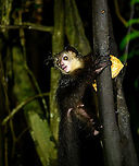 Aye-aye - 16, Palmarium, Madagascar Here it is, the Aye-Aye, the primate woodpecker, rodent, bat or "heh heh", Malagasy for "I don't know". <br />
<br />
"I don't know" is exactly the first thing that popped into my brain upon seeing it. My brain struggled to understand what it was seeing, despite having read about Aye-ayes at a basic level. It just doesn't register or fit into any boxes.<br />
<br />
My second thought was that if I would not know any better, I'd go along with the local superstition that this is a demonic animal. <br />
<br />
Science didn't really know either in earlier times. This creature first was considered a rodent, based on its teeth that perpetually grow and thus must constantly be worn down. It took a long time for it to be considered a primate, and specifically a lemur.<br />
<br />
A very weird primate. Its ears are huge and have inner ridges similar to bats, optimized for echolocation, making this the only primate to use this.<br />
<br />
Echolocation comes into play when its taps its lengthy 3rd finger rapidly on tree tunks to locate insects/larvae inside. Next, it uses its strong teeth to gnawl a hole into the trunk. Finally, it uses its extremely lengthy 4th finger to rapidly pull out the contents, like a machine gun, using a special hooked nail.<br />
<br />
I had always imagined the Aye-aye to be kind of like a Koala: small, slow, and vulnerable. I was wrong at every level. It's pretty large, combined with the tail above 1m in length. It's very fast and escapes a scene in about 2 seconds. It's teeth and fingers are not careful or fragile tools, they're like power tools. <br />
<br />
The backstory: from Palmarium, on dry nights, you can take a boat to an uninhabited island. On the island live 6-8 Aye-ayes. They are typically in the canopy of a mangrove forest. Coconuts are strategically placed at a lower level to lure them down. Flash lights and camera flash are disallowed, yet when the lure action is succesful, a relatively weak area light shines on the feeding Aye-aye, which does not seem to disturb them.<br />
<br />
Photographing them is challenging due to the lack of flash and the light source being quite weak, but it can be done with some special measures.<br />
<br />
To Henriette and me, the Aye-aye was this year's trophy and a proper closure on 3 years of Madagascar, so I'm going to be generous in sharing many shots of this fantastic animal. We're not done with the set though, not quite yet.<br />
<br />
https://www.jungledragon.com/image/87321/aye-aye_-_1_palmarium_madagascar.html<br />
https://www.jungledragon.com/image/87322/aye-aye_-_2_palmarium_madagascar.html<br />
https://www.jungledragon.com/image/87323/aye-aye_-_3_palmarium_madagascar.html<br />
https://www.jungledragon.com/image/87324/aye-aye_-_4_palmarium_madagascar.html<br />
https://www.jungledragon.com/image/87325/aye-aye_-_5_palmarium_madagascar.html<br />
https://www.jungledragon.com/image/87326/aye-aye_-_6_palmarium_madagascar.html<br />
https://www.jungledragon.com/image/87327/aye-aye_-_7_palmarium_madagascar.html<br />
https://www.jungledragon.com/image/87328/aye-aye_-_8_palmarium_madagascar.html<br />
https://www.jungledragon.com/image/87329/aye-aye_-_9_palmarium_madagascar.html<br />
https://www.jungledragon.com/image/87330/aye-aye_-_10_palmarium_madagascar.html<br />
https://www.jungledragon.com/image/87331/aye-aye_-_11_palmarium_madagascar.html<br />
https://www.jungledragon.com/image/87332/aye-aye_-_12_palmarium_madagascar.html<br />
https://www.jungledragon.com/image/87333/aye-aye_-_13_palmarium_madagascar.html<br />
https://www.jungledragon.com/image/87334/aye-aye_-_14_palmarium_madagascar.html<br />
https://www.jungledragon.com/image/87335/aye-aye_-_15_palmarium_madagascar.html<br />
https://www.jungledragon.com/image/87337/aye-aye_-_17_palmarium_madagascar.html<br />
https://www.jungledragon.com/image/87338/aye-aye_-_18_palmarium_madagascar.html<br />
https://www.jungledragon.com/image/87339/aye-aye_-_19_palmarium_madagascar.html<br />
https://www.jungledragon.com/image/87340/aye-aye_-_20_palmarium_madagascar.html<br />
<br />
https://www.youtube.com/watch?v=295rx5Dqsf4 Africa,Aye-aye,Daubentonia madagascariensis,Geotagged,Madagascar,Madagascar 2019,Palmarium reserve,Winter,World