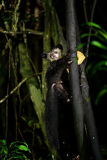 Aye-aye - 17, Palmarium, Madagascar Here it is, the Aye-Aye, the primate woodpecker, rodent, bat or "heh heh", Malagasy for "I don't know". 

"I don't know" is exactly the first thing that popped into my brain upon seeing it. My brain struggled to understand what it was seeing, despite having read about Aye-ayes at a basic level. It just doesn't register or fit into any boxes.

My second thought was that if I would not know any better, I'd go along with the local superstition that this is a demonic animal. 

Science didn't really know either in earlier times. This creature first was considered a rodent, based on its teeth that perpetually grow and thus must constantly be worn down. It took a long time for it to be considered a primate, and specifically a lemur.

A very weird primate. Its ears are huge and have inner ridges similar to bats, optimized for echolocation, making this the only primate to use this.

Echolocation comes into play when its taps its lengthy 3rd finger rapidly on tree tunks to locate insects/larvae inside. Next, it uses its strong teeth to gnawl a hole into the trunk. Finally, it uses its extremely lengthy 4th finger to rapidly pull out the contents, like a machine gun, using a special hooked nail.

I had always imagined the Aye-aye to be kind of like a Koala: small, slow, and vulnerable. I was wrong at every level. It's pretty large, combined with the tail above 1m in length. It's very fast and escapes a scene in about 2 seconds. It's teeth and fingers are not careful or fragile tools, they're like power tools. 

The backstory: from Palmarium, on dry nights, you can take a boat to an uninhabited island. On the island live 6-8 Aye-ayes. They are typically in the canopy of a mangrove forest. Coconuts are strategically placed at a lower level to lure them down. Flash lights and camera flash are disallowed, yet when the lure action is succesful, a relatively weak area light shines on the feeding Aye-aye, which does not seem to disturb them.

Photographing them is challenging due to the lack of flash and the light source being quite weak, but it can be done with some special measures.

To Henriette and me, the Aye-aye was this year's trophy and a proper closure on 3 years of Madagascar, so I'm going to be generous in sharing many shots of this fantastic animal. We're not done with the set though, not quite yet.

https://www.jungledragon.com/image/87321/aye-aye_-_1_palmarium_madagascar.html
https://www.jungledragon.com/image/87322/aye-aye_-_2_palmarium_madagascar.html
https://www.jungledragon.com/image/87323/aye-aye_-_3_palmarium_madagascar.html
https://www.jungledragon.com/image/87324/aye-aye_-_4_palmarium_madagascar.html
https://www.jungledragon.com/image/87325/aye-aye_-_5_palmarium_madagascar.html
https://www.jungledragon.com/image/87326/aye-aye_-_6_palmarium_madagascar.html
https://www.jungledragon.com/image/87327/aye-aye_-_7_palmarium_madagascar.html
https://www.jungledragon.com/image/87328/aye-aye_-_8_palmarium_madagascar.html
https://www.jungledragon.com/image/87329/aye-aye_-_9_palmarium_madagascar.html
https://www.jungledragon.com/image/87330/aye-aye_-_10_palmarium_madagascar.html
https://www.jungledragon.com/image/87331/aye-aye_-_11_palmarium_madagascar.html
https://www.jungledragon.com/image/87332/aye-aye_-_12_palmarium_madagascar.html
https://www.jungledragon.com/image/87333/aye-aye_-_13_palmarium_madagascar.html
https://www.jungledragon.com/image/87334/aye-aye_-_14_palmarium_madagascar.html
https://www.jungledragon.com/image/87335/aye-aye_-_15_palmarium_madagascar.html
https://www.jungledragon.com/image/87336/aye-aye_-_16_palmarium_madagascar.html
https://www.jungledragon.com/image/87338/aye-aye_-_18_palmarium_madagascar.html
https://www.jungledragon.com/image/87339/aye-aye_-_19_palmarium_madagascar.html
https://www.jungledragon.com/image/87340/aye-aye_-_20_palmarium_madagascar.html

https://www.youtube.com/watch?v=295rx5Dqsf4 Africa,Aye-aye,Daubentonia madagascariensis,Geotagged,Madagascar,Madagascar 2019,Palmarium reserve,Winter,World