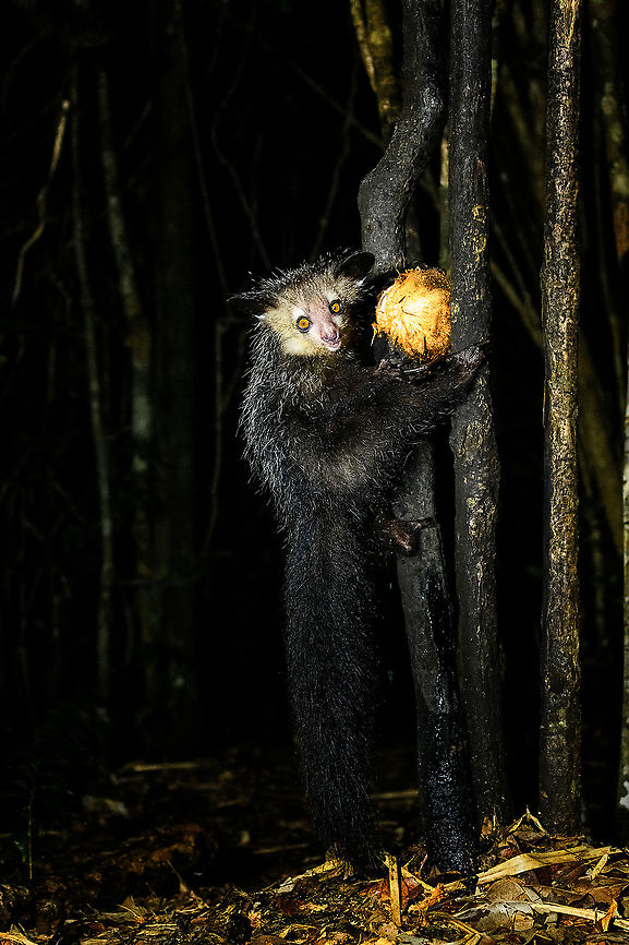 Aye-aye - 18, Palmarium, Madagascar Here it is, the Aye-Aye, the primate woodpecker, rodent, bat or "heh heh", Malagasy for "I don't know". <br />
<br />
"I don't know" is exactly the first thing that popped into my brain upon seeing it. My brain struggled to understand what it was seeing, despite having read about Aye-ayes at a basic level. It just doesn't register or fit into any boxes.<br />
<br />
My second thought was that if I would not know any better, I'd go along with the local superstition that this is a demonic animal. <br />
<br />
Science didn't really know either in earlier times. This creature first was considered a rodent, based on its teeth that perpetually grow and thus must constantly be worn down. It took a long time for it to be considered a primate, and specifically a lemur.<br />
<br />
A very weird primate. Its ears are huge and have inner ridges similar to bats, optimized for echolocation, making this the only primate to use this.<br />
<br />
Echolocation comes into play when its taps its lengthy 3rd finger rapidly on tree tunks to locate insects/larvae inside. Next, it uses its strong teeth to gnawl a hole into the trunk. Finally, it uses its extremely lengthy 4th finger to rapidly pull out the contents, like a machine gun, using a special hooked nail.<br />
<br />
I had always imagined the Aye-aye to be kind of like a Koala: small, slow, and vulnerable. I was wrong at every level. It's pretty large, combined with the tail above 1m in length. It's very fast and escapes a scene in about 2 seconds. It's teeth and fingers are not careful or fragile tools, they're like power tools. <br />
<br />
The backstory: from Palmarium, on dry nights, you can take a boat to an uninhabited island. On the island live 6-8 Aye-ayes. They are typically in the canopy of a mangrove forest. Coconuts are strategically placed at a lower level to lure them down. Flash lights and camera flash are disallowed, yet when the lure action is succesful, a relatively weak area light shines on the feeding Aye-aye, which does not seem to disturb them.<br />
<br />
Photographing them is challenging due to the lack of flash and the light source being quite weak, but it can be done with some special measures.<br />
<br />
To Henriette and me, the Aye-aye was this year's trophy and a proper closure on 3 years of Madagascar, so I'm going to be generous in sharing many shots of this fantastic animal. We're not done with the set though, not quite yet.<br />
<br />
<figure class="photo"><a href="https://www.jungledragon.com/image/87321/aye-aye_-_1_palmarium_madagascar.html" title="Aye-aye - 1, Palmarium, Madagascar"><img src="https://s3.amazonaws.com/media.jungledragon.com/images/2/87321_thumb.jpg?AWSAccessKeyId=05GMT0V3GWVNE7GGM1R2&Expires=1770854410&Signature=8atIgKM%2F%2FKN5CRm%2BTJWfdKwNcE0%3D" width="200" height="130" alt="Aye-aye - 1, Palmarium, Madagascar Here it is, the Aye-Aye, the primate woodpecker, rodent, bat or "heh heh", Malagasy for "I don't know". <br />
<br />
"I don't know" is exactly the first thing that popped into my brain upon seeing it. My brain struggled to understand what it was seeing, despite having read about Aye-ayes at a basic level. It just doesn't register or fit into any boxes.<br />
<br />
My second thought was that if I would not know any better, I'd go along with the local superstition that this is a demonic animal. <br />
<br />
Science didn't really know either in earlier times. This creature first was considered a rodent, based on its teeth that perpetually grow and thus must constantly be worn down. It took a long time for it to be considered a primate, and specifically a lemur.<br />
<br />
A very weird primate. Its ears are huge and have inner ridges similar to bats, optimized for echolocation, making this the only primate to use this.<br />
<br />
Echolocation comes into play when its taps its lengthy 3rd finger rapidly on tree tunks to locate insects/larvae inside. Next, it uses its strong teeth to gnawl a hole into the trunk. Finally, it uses its extremely lengthy 4th finger to rapidly pull out the contents, like a machine gun, using a special hooked nail.<br />
<br />
I had always imagined the Aye-aye to be kind of like a Koala: small, slow, and vulnerable. I was wrong at every level. It's pretty large, combined with the tail above 1m in length. It's very fast and escapes a scene in about 2 seconds. It's teeth and fingers are not careful or fragile tools, they're like power tools. <br />
<br />
The backstory: from Palmarium, on dry nights, you can take a boat to an uninhabited island. On the island live 6-8 Aye-ayes. They are typically in the canopy of a mangrove forest. Coconuts are strategically placed at a lower level to lure them down. Flash lights and camera flash are disallowed, yet when the lure action is succesful, a relatively weak area light shines on the feeding Aye-aye, which does not seem to disturb them.<br />
<br />
Photographing them is challenging due to the lack of flash and the light source being quite weak, but it can be done with some special measures.<br />
<br />
To Henriette and me, the Aye-aye was this year's trophy and a proper closure on 3 years of Madagascar, so I'm going to be generous in sharing many shots of this fantastic animal. We're not done with the set though, not quite yet.<br />
<br />
https://www.jungledragon.com/image/87322/aye-aye_-_2_palmarium_madagascar.html<br />
https://www.jungledragon.com/image/87323/aye-aye_-_3_palmarium_madagascar.html<br />
https://www.jungledragon.com/image/87324/aye-aye_-_4_palmarium_madagascar.html<br />
https://www.jungledragon.com/image/87325/aye-aye_-_5_palmarium_madagascar.html<br />
https://www.jungledragon.com/image/87326/aye-aye_-_6_palmarium_madagascar.html<br />
https://www.jungledragon.com/image/87327/aye-aye_-_7_palmarium_madagascar.html<br />
https://www.jungledragon.com/image/87328/aye-aye_-_8_palmarium_madagascar.html<br />
https://www.jungledragon.com/image/87329/aye-aye_-_9_palmarium_madagascar.html<br />
https://www.jungledragon.com/image/87330/aye-aye_-_10_palmarium_madagascar.html<br />
https://www.jungledragon.com/image/87331/aye-aye_-_11_palmarium_madagascar.html<br />
https://www.jungledragon.com/image/87332/aye-aye_-_12_palmarium_madagascar.html<br />
https://www.jungledragon.com/image/87333/aye-aye_-_13_palmarium_madagascar.html<br />
https://www.jungledragon.com/image/87334/aye-aye_-_14_palmarium_madagascar.html<br />
https://www.jungledragon.com/image/87335/aye-aye_-_15_palmarium_madagascar.html<br />
https://www.jungledragon.com/image/87336/aye-aye_-_16_palmarium_madagascar.html<br />
https://www.jungledragon.com/image/87337/aye-aye_-_17_palmarium_madagascar.html<br />
https://www.jungledragon.com/image/87338/aye-aye_-_18_palmarium_madagascar.html<br />
https://www.jungledragon.com/image/87339/aye-aye_-_19_palmarium_madagascar.html<br />
https://www.jungledragon.com/image/87340/aye-aye_-_20_palmarium_madagascar.html<br />
<br />
https://www.youtube.com/watch?v=295rx5Dqsf4 Africa,Aye-aye,Daubentonia madagascariensis,Geotagged,Madagascar,Madagascar 2019,Palmarium reserve,Winter,World" /></a></figure><br />
<figure class="photo"><a href="https://www.jungledragon.com/image/87322/aye-aye_-_2_palmarium_madagascar.html" title="Aye-aye - 2, Palmarium, Madagascar"><img src="https://s3.amazonaws.com/media.jungledragon.com/images/2/87322_thumb.jpg?AWSAccessKeyId=05GMT0V3GWVNE7GGM1R2&Expires=1770854410&Signature=4tdsgqzZpoIlwYfH7rosaJlm%2Bpo%3D" width="144" height="152" alt="Aye-aye - 2, Palmarium, Madagascar Here it is, the Aye-Aye, the primate woodpecker, rodent, bat or "heh heh", Malagasy for "I don't know". <br />
<br />
"I don't know" is exactly the first thing that popped into my brain upon seeing it. My brain struggled to understand what it was seeing, despite having read about Aye-ayes at a basic level. It just doesn't register or fit into any boxes.<br />
<br />
My second thought was that if I would not know any better, I'd go along with the local superstition that this is a demonic animal. <br />
<br />
Science didn't really know either in earlier times. This creature first was considered a rodent, based on its teeth that perpetually grow and thus must constantly be worn down. It took a long time for it to be considered a primate, and specifically a lemur.<br />
<br />
A very weird primate. Its ears are huge and have inner ridges similar to bats, optimized for echolocation, making this the only primate to use this.<br />
<br />
Echolocation comes into play when its taps its lengthy 3rd finger rapidly on tree tunks to locate insects/larvae inside. Next, it uses its strong teeth to gnawl a hole into the trunk. Finally, it uses its extremely lengthy 4th finger to rapidly pull out the contents, like a machine gun, using a special hooked nail.<br />
<br />
I had always imagined the Aye-aye to be kind of like a Koala: small, slow, and vulnerable. I was wrong at every level. It's pretty large, combined with the tail above 1m in length. It's very fast and escapes a scene in about 2 seconds. It's teeth and fingers are not careful or fragile tools, they're like power tools. <br />
<br />
The backstory: from Palmarium, on dry nights, you can take a boat to an uninhabited island. On the island live 6-8 Aye-ayes. They are typically in the canopy of a mangrove forest. Coconuts are strategically placed at a lower level to lure them down. Flash lights and camera flash are disallowed, yet when the lure action is succesful, a relatively weak area light shines on the feeding Aye-aye, which does not seem to disturb them.<br />
<br />
Photographing them is challenging due to the lack of flash and the light source being quite weak, but it can be done with some special measures.<br />
<br />
To Henriette and me, the Aye-aye was this year's trophy and a proper closure on 3 years of Madagascar, so I'm going to be generous in sharing many shots of this fantastic animal. We're not done with the set though, not quite yet.<br />
<br />
https://www.jungledragon.com/image/87321/aye-aye_-_1_palmarium_madagascar.html<br />
https://www.jungledragon.com/image/87323/aye-aye_-_3_palmarium_madagascar.html<br />
https://www.jungledragon.com/image/87324/aye-aye_-_4_palmarium_madagascar.html<br />
https://www.jungledragon.com/image/87325/aye-aye_-_5_palmarium_madagascar.html<br />
https://www.jungledragon.com/image/87326/aye-aye_-_6_palmarium_madagascar.html<br />
https://www.jungledragon.com/image/87327/aye-aye_-_7_palmarium_madagascar.html<br />
https://www.jungledragon.com/image/87328/aye-aye_-_8_palmarium_madagascar.html<br />
https://www.jungledragon.com/image/87329/aye-aye_-_9_palmarium_madagascar.html<br />
https://www.jungledragon.com/image/87330/aye-aye_-_10_palmarium_madagascar.html<br />
https://www.jungledragon.com/image/87331/aye-aye_-_11_palmarium_madagascar.html<br />
https://www.jungledragon.com/image/87332/aye-aye_-_12_palmarium_madagascar.html<br />
https://www.jungledragon.com/image/87333/aye-aye_-_13_palmarium_madagascar.html<br />
https://www.jungledragon.com/image/87334/aye-aye_-_14_palmarium_madagascar.html<br />
https://www.jungledragon.com/image/87335/aye-aye_-_15_palmarium_madagascar.html<br />
https://www.jungledragon.com/image/87336/aye-aye_-_16_palmarium_madagascar.html<br />
https://www.jungledragon.com/image/87337/aye-aye_-_17_palmarium_madagascar.html<br />
https://www.jungledragon.com/image/87338/aye-aye_-_18_palmarium_madagascar.html<br />
https://www.jungledragon.com/image/87339/aye-aye_-_19_palmarium_madagascar.html<br />
https://www.jungledragon.com/image/87340/aye-aye_-_20_palmarium_madagascar.html<br />
<br />
https://www.youtube.com/watch?v=295rx5Dqsf4 Africa,Aye-aye,Daubentonia madagascariensis,Geotagged,Madagascar,Madagascar 2019,Palmarium reserve,Winter,World" /></a></figure><br />
<figure class="photo"><a href="https://www.jungledragon.com/image/87323/aye-aye_-_3_palmarium_madagascar.html" title="Aye-aye - 3, Palmarium, Madagascar"><img src="https://s3.amazonaws.com/media.jungledragon.com/images/2/87323_thumb.jpg?AWSAccessKeyId=05GMT0V3GWVNE7GGM1R2&Expires=1770854410&Signature=tCpGlcYgBPRTw5xTCj6aWvujYYU%3D" width="124" height="152" alt="Aye-aye - 3, Palmarium, Madagascar Here it is, the Aye-Aye, the primate woodpecker, rodent, bat or "heh heh", Malagasy for "I don't know". <br />
<br />
"I don't know" is exactly the first thing that popped into my brain upon seeing it. My brain struggled to understand what it was seeing, despite having read about Aye-ayes at a basic level. It just doesn't register or fit into any boxes.<br />
<br />
My second thought was that if I would not know any better, I'd go along with the local superstition that this is a demonic animal. <br />
<br />
Science didn't really know either in earlier times. This creature first was considered a rodent, based on its teeth that perpetually grow and thus must constantly be worn down. It took a long time for it to be considered a primate, and specifically a lemur.<br />
<br />
A very weird primate. Its ears are huge and have inner ridges similar to bats, optimized for echolocation, making this the only primate to use this.<br />
<br />
Echolocation comes into play when its taps its lengthy 3rd finger rapidly on tree tunks to locate insects/larvae inside. Next, it uses its strong teeth to gnawl a hole into the trunk. Finally, it uses its extremely lengthy 4th finger to rapidly pull out the contents, like a machine gun, using a special hooked nail.<br />
<br />
I had always imagined the Aye-aye to be kind of like a Koala: small, slow, and vulnerable. I was wrong at every level. It's pretty large, combined with the tail above 1m in length. It's very fast and escapes a scene in about 2 seconds. It's teeth and fingers are not careful or fragile tools, they're like power tools. <br />
<br />
The backstory: from Palmarium, on dry nights, you can take a boat to an uninhabited island. On the island live 6-8 Aye-ayes. They are typically in the canopy of a mangrove forest. Coconuts are strategically placed at a lower level to lure them down. Flash lights and camera flash are disallowed, yet when the lure action is succesful, a relatively weak area light shines on the feeding Aye-aye, which does not seem to disturb them.<br />
<br />
Photographing them is challenging due to the lack of flash and the light source being quite weak, but it can be done with some special measures.<br />
<br />
To Henriette and me, the Aye-aye was this year's trophy and a proper closure on 3 years of Madagascar, so I'm going to be generous in sharing many shots of this fantastic animal. We're not done with the set though, not quite yet.<br />
<br />
https://www.jungledragon.com/image/87321/aye-aye_-_1_palmarium_madagascar.html<br />
https://www.jungledragon.com/image/87322/aye-aye_-_2_palmarium_madagascar.html<br />
https://www.jungledragon.com/image/87324/aye-aye_-_4_palmarium_madagascar.html<br />
https://www.jungledragon.com/image/87325/aye-aye_-_5_palmarium_madagascar.html<br />
https://www.jungledragon.com/image/87326/aye-aye_-_6_palmarium_madagascar.html<br />
https://www.jungledragon.com/image/87327/aye-aye_-_7_palmarium_madagascar.html<br />
https://www.jungledragon.com/image/87328/aye-aye_-_8_palmarium_madagascar.html<br />
https://www.jungledragon.com/image/87329/aye-aye_-_9_palmarium_madagascar.html<br />
https://www.jungledragon.com/image/87330/aye-aye_-_10_palmarium_madagascar.html<br />
https://www.jungledragon.com/image/87331/aye-aye_-_11_palmarium_madagascar.html<br />
https://www.jungledragon.com/image/87332/aye-aye_-_12_palmarium_madagascar.html<br />
https://www.jungledragon.com/image/87333/aye-aye_-_13_palmarium_madagascar.html<br />
https://www.jungledragon.com/image/87334/aye-aye_-_14_palmarium_madagascar.html<br />
https://www.jungledragon.com/image/87335/aye-aye_-_15_palmarium_madagascar.html<br />
https://www.jungledragon.com/image/87336/aye-aye_-_16_palmarium_madagascar.html<br />
https://www.jungledragon.com/image/87337/aye-aye_-_17_palmarium_madagascar.html<br />
https://www.jungledragon.com/image/87338/aye-aye_-_18_palmarium_madagascar.html<br />
https://www.jungledragon.com/image/87339/aye-aye_-_19_palmarium_madagascar.html<br />
https://www.jungledragon.com/image/87340/aye-aye_-_20_palmarium_madagascar.html<br />
<br />
https://www.youtube.com/watch?v=295rx5Dqsf4 Africa,Aye-aye,Daubentonia madagascariensis,Madagascar,Madagascar 2019,Palmarium reserve,World" /></a></figure><br />
<figure class="photo"><a href="https://www.jungledragon.com/image/87324/aye-aye_-_4_palmarium_madagascar.html" title="Aye-aye - 4, Palmarium, Madagascar"><img src="https://s3.amazonaws.com/media.jungledragon.com/images/2/87324_thumb.jpg?AWSAccessKeyId=05GMT0V3GWVNE7GGM1R2&Expires=1770854410&Signature=%2FL2L9ttN%2FtYoD5c8PyjSFrWWqJk%3D" width="200" height="166" alt="Aye-aye - 4, Palmarium, Madagascar Here it is, the Aye-Aye, the primate woodpecker, rodent, bat or "heh heh", Malagasy for "I don't know". <br />
<br />
"I don't know" is exactly the first thing that popped into my brain upon seeing it. My brain struggled to understand what it was seeing, despite having read about Aye-ayes at a basic level. It just doesn't register or fit into any boxes.<br />
<br />
My second thought was that if I would not know any better, I'd go along with the local superstition that this is a demonic animal. <br />
<br />
Science didn't really know either in earlier times. This creature first was considered a rodent, based on its teeth that perpetually grow and thus must constantly be worn down. It took a long time for it to be considered a primate, and specifically a lemur.<br />
<br />
A very weird primate. Its ears are huge and have inner ridges similar to bats, optimized for echolocation, making this the only primate to use this.<br />
<br />
Echolocation comes into play when its taps its lengthy 3rd finger rapidly on tree tunks to locate insects/larvae inside. Next, it uses its strong teeth to gnawl a hole into the trunk. Finally, it uses its extremely lengthy 4th finger to rapidly pull out the contents, like a machine gun, using a special hooked nail.<br />
<br />
I had always imagined the Aye-aye to be kind of like a Koala: small, slow, and vulnerable. I was wrong at every level. It's pretty large, combined with the tail above 1m in length. It's very fast and escapes a scene in about 2 seconds. It's teeth and fingers are not careful or fragile tools, they're like power tools. <br />
<br />
The backstory: from Palmarium, on dry nights, you can take a boat to an uninhabited island. On the island live 6-8 Aye-ayes. They are typically in the canopy of a mangrove forest. Coconuts are strategically placed at a lower level to lure them down. Flash lights and camera flash are disallowed, yet when the lure action is succesful, a relatively weak area light shines on the feeding Aye-aye, which does not seem to disturb them.<br />
<br />
Photographing them is challenging due to the lack of flash and the light source being quite weak, but it can be done with some special measures.<br />
<br />
To Henriette and me, the Aye-aye was this year's trophy and a proper closure on 3 years of Madagascar, so I'm going to be generous in sharing many shots of this fantastic animal. We're not done with the set though, not quite yet.<br />
<br />
https://www.jungledragon.com/image/87321/aye-aye_-_1_palmarium_madagascar.html<br />
https://www.jungledragon.com/image/87322/aye-aye_-_2_palmarium_madagascar.html<br />
https://www.jungledragon.com/image/87323/aye-aye_-_3_palmarium_madagascar.html<br />
https://www.jungledragon.com/image/87325/aye-aye_-_5_palmarium_madagascar.html<br />
https://www.jungledragon.com/image/87326/aye-aye_-_6_palmarium_madagascar.html<br />
https://www.jungledragon.com/image/87327/aye-aye_-_7_palmarium_madagascar.html<br />
https://www.jungledragon.com/image/87328/aye-aye_-_8_palmarium_madagascar.html<br />
https://www.jungledragon.com/image/87329/aye-aye_-_9_palmarium_madagascar.html<br />
https://www.jungledragon.com/image/87330/aye-aye_-_10_palmarium_madagascar.html<br />
https://www.jungledragon.com/image/87331/aye-aye_-_11_palmarium_madagascar.html<br />
https://www.jungledragon.com/image/87332/aye-aye_-_12_palmarium_madagascar.html<br />
https://www.jungledragon.com/image/87333/aye-aye_-_13_palmarium_madagascar.html<br />
https://www.jungledragon.com/image/87334/aye-aye_-_14_palmarium_madagascar.html<br />
https://www.jungledragon.com/image/87335/aye-aye_-_15_palmarium_madagascar.html<br />
https://www.jungledragon.com/image/87336/aye-aye_-_16_palmarium_madagascar.html<br />
https://www.jungledragon.com/image/87337/aye-aye_-_17_palmarium_madagascar.html<br />
https://www.jungledragon.com/image/87338/aye-aye_-_18_palmarium_madagascar.html<br />
https://www.jungledragon.com/image/87339/aye-aye_-_19_palmarium_madagascar.html<br />
https://www.jungledragon.com/image/87340/aye-aye_-_20_palmarium_madagascar.html<br />
<br />
https://www.youtube.com/watch?v=295rx5Dqsf4 Africa,Aye-aye,Daubentonia madagascariensis,Geotagged,Madagascar,Madagascar 2019,Palmarium reserve,Winter,World" /></a></figure><br />
<figure class="photo"><a href="https://www.jungledragon.com/image/87325/aye-aye_-_5_palmarium_madagascar.html" title="Aye-aye - 5, Palmarium, Madagascar"><img src="https://s3.amazonaws.com/media.jungledragon.com/images/2/87325_thumb.jpg?AWSAccessKeyId=05GMT0V3GWVNE7GGM1R2&Expires=1770854410&Signature=yNPx2MIE5jFIieysb5IO3fnIKHk%3D" width="200" height="134" alt="Aye-aye - 5, Palmarium, Madagascar Here it is, the Aye-Aye, the primate woodpecker, rodent, bat or "heh heh", Malagasy for "I don't know". <br />
<br />
"I don't know" is exactly the first thing that popped into my brain upon seeing it. My brain struggled to understand what it was seeing, despite having read about Aye-ayes at a basic level. It just doesn't register or fit into any boxes.<br />
<br />
My second thought was that if I would not know any better, I'd go along with the local superstition that this is a demonic animal. <br />
<br />
Science didn't really know either in earlier times. This creature first was considered a rodent, based on its teeth that perpetually grow and thus must constantly be worn down. It took a long time for it to be considered a primate, and specifically a lemur.<br />
<br />
A very weird primate. Its ears are huge and have inner ridges similar to bats, optimized for echolocation, making this the only primate to use this.<br />
<br />
Echolocation comes into play when its taps its lengthy 3rd finger rapidly on tree tunks to locate insects/larvae inside. Next, it uses its strong teeth to gnawl a hole into the trunk. Finally, it uses its extremely lengthy 4th finger to rapidly pull out the contents, like a machine gun, using a special hooked nail.<br />
<br />
I had always imagined the Aye-aye to be kind of like a Koala: small, slow, and vulnerable. I was wrong at every level. It's pretty large, combined with the tail above 1m in length. It's very fast and escapes a scene in about 2 seconds. It's teeth and fingers are not careful or fragile tools, they're like power tools. <br />
<br />
The backstory: from Palmarium, on dry nights, you can take a boat to an uninhabited island. On the island live 6-8 Aye-ayes. They are typically in the canopy of a mangrove forest. Coconuts are strategically placed at a lower level to lure them down. Flash lights and camera flash are disallowed, yet when the lure action is succesful, a relatively weak area light shines on the feeding Aye-aye, which does not seem to disturb them.<br />
<br />
Photographing them is challenging due to the lack of flash and the light source being quite weak, but it can be done with some special measures.<br />
<br />
To Henriette and me, the Aye-aye was this year's trophy and a proper closure on 3 years of Madagascar, so I'm going to be generous in sharing many shots of this fantastic animal. We're not done with the set though, not quite yet.<br />
<br />
https://www.jungledragon.com/image/87321/aye-aye_-_1_palmarium_madagascar.html<br />
https://www.jungledragon.com/image/87322/aye-aye_-_2_palmarium_madagascar.html<br />
https://www.jungledragon.com/image/87323/aye-aye_-_3_palmarium_madagascar.html<br />
https://www.jungledragon.com/image/87324/aye-aye_-_4_palmarium_madagascar.html<br />
https://www.jungledragon.com/image/87326/aye-aye_-_6_palmarium_madagascar.html<br />
https://www.jungledragon.com/image/87327/aye-aye_-_7_palmarium_madagascar.html<br />
https://www.jungledragon.com/image/87328/aye-aye_-_8_palmarium_madagascar.html<br />
https://www.jungledragon.com/image/87329/aye-aye_-_9_palmarium_madagascar.html<br />
https://www.jungledragon.com/image/87330/aye-aye_-_10_palmarium_madagascar.html<br />
https://www.jungledragon.com/image/87331/aye-aye_-_11_palmarium_madagascar.html<br />
https://www.jungledragon.com/image/87332/aye-aye_-_12_palmarium_madagascar.html<br />
https://www.jungledragon.com/image/87333/aye-aye_-_13_palmarium_madagascar.html<br />
https://www.jungledragon.com/image/87334/aye-aye_-_14_palmarium_madagascar.html<br />
https://www.jungledragon.com/image/87335/aye-aye_-_15_palmarium_madagascar.html<br />
https://www.jungledragon.com/image/87336/aye-aye_-_16_palmarium_madagascar.html<br />
https://www.jungledragon.com/image/87337/aye-aye_-_17_palmarium_madagascar.html<br />
https://www.jungledragon.com/image/87338/aye-aye_-_18_palmarium_madagascar.html<br />
https://www.jungledragon.com/image/87339/aye-aye_-_19_palmarium_madagascar.html<br />
https://www.jungledragon.com/image/87340/aye-aye_-_20_palmarium_madagascar.html<br />
<br />
https://www.youtube.com/watch?v=295rx5Dqsf4 Africa,Aye-aye,Daubentonia madagascariensis,Geotagged,Madagascar,Madagascar 2019,Palmarium reserve,Winter,World" /></a></figure><br />
<figure class="photo"><a href="https://www.jungledragon.com/image/87326/aye-aye_-_6_palmarium_madagascar.html" title="Aye-aye - 6, Palmarium, Madagascar"><img src="https://s3.amazonaws.com/media.jungledragon.com/images/2/87326_thumb.jpg?AWSAccessKeyId=05GMT0V3GWVNE7GGM1R2&Expires=1770854410&Signature=MjJF0jZC23W1IkqkcOMJDARPfkc%3D" width="102" height="152" alt="Aye-aye - 6, Palmarium, Madagascar Here it is, the Aye-Aye, the primate woodpecker, rodent, bat or "heh heh", Malagasy for "I don't know". <br />
<br />
"I don't know" is exactly the first thing that popped into my brain upon seeing it. My brain struggled to understand what it was seeing, despite having read about Aye-ayes at a basic level. It just doesn't register or fit into any boxes.<br />
<br />
My second thought was that if I would not know any better, I'd go along with the local superstition that this is a demonic animal. <br />
<br />
Science didn't really know either in earlier times. This creature first was considered a rodent, based on its teeth that perpetually grow and thus must constantly be worn down. It took a long time for it to be considered a primate, and specifically a lemur.<br />
<br />
A very weird primate. Its ears are huge and have inner ridges similar to bats, optimized for echolocation, making this the only primate to use this.<br />
<br />
Echolocation comes into play when its taps its lengthy 3rd finger rapidly on tree tunks to locate insects/larvae inside. Next, it uses its strong teeth to gnawl a hole into the trunk. Finally, it uses its extremely lengthy 4th finger to rapidly pull out the contents, like a machine gun, using a special hooked nail.<br />
<br />
I had always imagined the Aye-aye to be kind of like a Koala: small, slow, and vulnerable. I was wrong at every level. It's pretty large, combined with the tail above 1m in length. It's very fast and escapes a scene in about 2 seconds. It's teeth and fingers are not careful or fragile tools, they're like power tools. <br />
<br />
The backstory: from Palmarium, on dry nights, you can take a boat to an uninhabited island. On the island live 6-8 Aye-ayes. They are typically in the canopy of a mangrove forest. Coconuts are strategically placed at a lower level to lure them down. Flash lights and camera flash are disallowed, yet when the lure action is succesful, a relatively weak area light shines on the feeding Aye-aye, which does not seem to disturb them.<br />
<br />
Photographing them is challenging due to the lack of flash and the light source being quite weak, but it can be done with some special measures.<br />
<br />
To Henriette and me, the Aye-aye was this year's trophy and a proper closure on 3 years of Madagascar, so I'm going to be generous in sharing many shots of this fantastic animal. We're not done with the set though, not quite yet.<br />
<br />
https://www.jungledragon.com/image/87321/aye-aye_-_1_palmarium_madagascar.html<br />
https://www.jungledragon.com/image/87322/aye-aye_-_2_palmarium_madagascar.html<br />
https://www.jungledragon.com/image/87323/aye-aye_-_3_palmarium_madagascar.html<br />
https://www.jungledragon.com/image/87324/aye-aye_-_4_palmarium_madagascar.html<br />
https://www.jungledragon.com/image/87325/aye-aye_-_5_palmarium_madagascar.html<br />
https://www.jungledragon.com/image/87327/aye-aye_-_7_palmarium_madagascar.html<br />
https://www.jungledragon.com/image/87328/aye-aye_-_8_palmarium_madagascar.html<br />
https://www.jungledragon.com/image/87329/aye-aye_-_9_palmarium_madagascar.html<br />
https://www.jungledragon.com/image/87330/aye-aye_-_10_palmarium_madagascar.html<br />
https://www.jungledragon.com/image/87331/aye-aye_-_11_palmarium_madagascar.html<br />
https://www.jungledragon.com/image/87332/aye-aye_-_12_palmarium_madagascar.html<br />
https://www.jungledragon.com/image/87333/aye-aye_-_13_palmarium_madagascar.html<br />
https://www.jungledragon.com/image/87334/aye-aye_-_14_palmarium_madagascar.html<br />
https://www.jungledragon.com/image/87335/aye-aye_-_15_palmarium_madagascar.html<br />
https://www.jungledragon.com/image/87336/aye-aye_-_16_palmarium_madagascar.html<br />
https://www.jungledragon.com/image/87337/aye-aye_-_17_palmarium_madagascar.html<br />
https://www.jungledragon.com/image/87338/aye-aye_-_18_palmarium_madagascar.html<br />
https://www.jungledragon.com/image/87339/aye-aye_-_19_palmarium_madagascar.html<br />
https://www.jungledragon.com/image/87340/aye-aye_-_20_palmarium_madagascar.html<br />
<br />
https://www.youtube.com/watch?v=295rx5Dqsf4 Africa,Aye-aye,Daubentonia madagascariensis,Geotagged,Madagascar,Madagascar 2019,Palmarium reserve,Winter,World" /></a></figure><br />
<figure class="photo"><a href="https://www.jungledragon.com/image/87327/aye-aye_-_7_palmarium_madagascar.html" title="Aye-aye - 7, Palmarium, Madagascar"><img src="https://s3.amazonaws.com/media.jungledragon.com/images/2/87327_thumb.jpg?AWSAccessKeyId=05GMT0V3GWVNE7GGM1R2&Expires=1770854410&Signature=flEggrTsIWOQCHs6Os1m3F%2BjuEY%3D" width="200" height="170" alt="Aye-aye - 7, Palmarium, Madagascar Here it is, the Aye-Aye, the primate woodpecker, rodent, bat or "heh heh", Malagasy for "I don't know". <br />
<br />
"I don't know" is exactly the first thing that popped into my brain upon seeing it. My brain struggled to understand what it was seeing, despite having read about Aye-ayes at a basic level. It just doesn't register or fit into any boxes.<br />
<br />
My second thought was that if I would not know any better, I'd go along with the local superstition that this is a demonic animal. <br />
<br />
Science didn't really know either in earlier times. This creature first was considered a rodent, based on its teeth that perpetually grow and thus must constantly be worn down. It took a long time for it to be considered a primate, and specifically a lemur.<br />
<br />
A very weird primate. Its ears are huge and have inner ridges similar to bats, optimized for echolocation, making this the only primate to use this.<br />
<br />
Echolocation comes into play when its taps its lengthy 3rd finger rapidly on tree tunks to locate insects/larvae inside. Next, it uses its strong teeth to gnawl a hole into the trunk. Finally, it uses its extremely lengthy 4th finger to rapidly pull out the contents, like a machine gun, using a special hooked nail.<br />
<br />
I had always imagined the Aye-aye to be kind of like a Koala: small, slow, and vulnerable. I was wrong at every level. It's pretty large, combined with the tail above 1m in length. It's very fast and escapes a scene in about 2 seconds. It's teeth and fingers are not careful or fragile tools, they're like power tools. <br />
<br />
The backstory: from Palmarium, on dry nights, you can take a boat to an uninhabited island. On the island live 6-8 Aye-ayes. They are typically in the canopy of a mangrove forest. Coconuts are strategically placed at a lower level to lure them down. Flash lights and camera flash are disallowed, yet when the lure action is succesful, a relatively weak area light shines on the feeding Aye-aye, which does not seem to disturb them.<br />
<br />
Photographing them is challenging due to the lack of flash and the light source being quite weak, but it can be done with some special measures.<br />
<br />
To Henriette and me, the Aye-aye was this year's trophy and a proper closure on 3 years of Madagascar, so I'm going to be generous in sharing many shots of this fantastic animal. We're not done with the set though, not quite yet.<br />
<br />
https://www.jungledragon.com/image/87321/aye-aye_-_1_palmarium_madagascar.html<br />
https://www.jungledragon.com/image/87322/aye-aye_-_2_palmarium_madagascar.html<br />
https://www.jungledragon.com/image/87323/aye-aye_-_3_palmarium_madagascar.html<br />
https://www.jungledragon.com/image/87324/aye-aye_-_4_palmarium_madagascar.html<br />
https://www.jungledragon.com/image/87325/aye-aye_-_5_palmarium_madagascar.html<br />
https://www.jungledragon.com/image/87326/aye-aye_-_6_palmarium_madagascar.html<br />
https://www.jungledragon.com/image/87328/aye-aye_-_8_palmarium_madagascar.html<br />
https://www.jungledragon.com/image/87329/aye-aye_-_9_palmarium_madagascar.html<br />
https://www.jungledragon.com/image/87330/aye-aye_-_10_palmarium_madagascar.html<br />
https://www.jungledragon.com/image/87331/aye-aye_-_11_palmarium_madagascar.html<br />
https://www.jungledragon.com/image/87332/aye-aye_-_12_palmarium_madagascar.html<br />
https://www.jungledragon.com/image/87333/aye-aye_-_13_palmarium_madagascar.html<br />
https://www.jungledragon.com/image/87334/aye-aye_-_14_palmarium_madagascar.html<br />
https://www.jungledragon.com/image/87335/aye-aye_-_15_palmarium_madagascar.html<br />
https://www.jungledragon.com/image/87336/aye-aye_-_16_palmarium_madagascar.html<br />
https://www.jungledragon.com/image/87337/aye-aye_-_17_palmarium_madagascar.html<br />
https://www.jungledragon.com/image/87338/aye-aye_-_18_palmarium_madagascar.html<br />
https://www.jungledragon.com/image/87339/aye-aye_-_19_palmarium_madagascar.html<br />
https://www.jungledragon.com/image/87340/aye-aye_-_20_palmarium_madagascar.html<br />
<br />
https://www.youtube.com/watch?v=295rx5Dqsf4 Africa,Aye-aye,Daubentonia madagascariensis,Geotagged,Madagascar,Madagascar 2019,Palmarium reserve,Winter,World" /></a></figure><br />
<figure class="photo"><a href="https://www.jungledragon.com/image/87328/aye-aye_-_8_palmarium_madagascar.html" title="Aye-aye - 8, Palmarium, Madagascar"><img src="https://s3.amazonaws.com/media.jungledragon.com/images/2/87328_thumb.jpg?AWSAccessKeyId=05GMT0V3GWVNE7GGM1R2&Expires=1770854410&Signature=keWyEmbFs8EmIss5mJAIkA0Mh%2FQ%3D" width="126" height="152" alt="Aye-aye - 8, Palmarium, Madagascar Here it is, the Aye-Aye, the primate woodpecker, rodent, bat or "heh heh", Malagasy for "I don't know". <br />
<br />
"I don't know" is exactly the first thing that popped into my brain upon seeing it. My brain struggled to understand what it was seeing, despite having read about Aye-ayes at a basic level. It just doesn't register or fit into any boxes.<br />
<br />
My second thought was that if I would not know any better, I'd go along with the local superstition that this is a demonic animal. <br />
<br />
Science didn't really know either in earlier times. This creature first was considered a rodent, based on its teeth that perpetually grow and thus must constantly be worn down. It took a long time for it to be considered a primate, and specifically a lemur.<br />
<br />
A very weird primate. Its ears are huge and have inner ridges similar to bats, optimized for echolocation, making this the only primate to use this.<br />
<br />
Echolocation comes into play when its taps its lengthy 3rd finger rapidly on tree tunks to locate insects/larvae inside. Next, it uses its strong teeth to gnawl a hole into the trunk. Finally, it uses its extremely lengthy 4th finger to rapidly pull out the contents, like a machine gun, using a special hooked nail.<br />
<br />
I had always imagined the Aye-aye to be kind of like a Koala: small, slow, and vulnerable. I was wrong at every level. It's pretty large, combined with the tail above 1m in length. It's very fast and escapes a scene in about 2 seconds. It's teeth and fingers are not careful or fragile tools, they're like power tools. <br />
<br />
The backstory: from Palmarium, on dry nights, you can take a boat to an uninhabited island. On the island live 6-8 Aye-ayes. They are typically in the canopy of a mangrove forest. Coconuts are strategically placed at a lower level to lure them down. Flash lights and camera flash are disallowed, yet when the lure action is succesful, a relatively weak area light shines on the feeding Aye-aye, which does not seem to disturb them.<br />
<br />
Photographing them is challenging due to the lack of flash and the light source being quite weak, but it can be done with some special measures.<br />
<br />
To Henriette and me, the Aye-aye was this year's trophy and a proper closure on 3 years of Madagascar, so I'm going to be generous in sharing many shots of this fantastic animal. We're not done with the set though, not quite yet.<br />
<br />
https://www.jungledragon.com/image/87321/aye-aye_-_1_palmarium_madagascar.html<br />
https://www.jungledragon.com/image/87322/aye-aye_-_2_palmarium_madagascar.html<br />
https://www.jungledragon.com/image/87323/aye-aye_-_3_palmarium_madagascar.html<br />
https://www.jungledragon.com/image/87324/aye-aye_-_4_palmarium_madagascar.html<br />
https://www.jungledragon.com/image/87325/aye-aye_-_5_palmarium_madagascar.html<br />
https://www.jungledragon.com/image/87326/aye-aye_-_6_palmarium_madagascar.html<br />
https://www.jungledragon.com/image/87327/aye-aye_-_7_palmarium_madagascar.html<br />
https://www.jungledragon.com/image/87329/aye-aye_-_9_palmarium_madagascar.html<br />
https://www.jungledragon.com/image/87330/aye-aye_-_10_palmarium_madagascar.html<br />
https://www.jungledragon.com/image/87331/aye-aye_-_11_palmarium_madagascar.html<br />
https://www.jungledragon.com/image/87332/aye-aye_-_12_palmarium_madagascar.html<br />
https://www.jungledragon.com/image/87333/aye-aye_-_13_palmarium_madagascar.html<br />
https://www.jungledragon.com/image/87334/aye-aye_-_14_palmarium_madagascar.html<br />
https://www.jungledragon.com/image/87335/aye-aye_-_15_palmarium_madagascar.html<br />
https://www.jungledragon.com/image/87336/aye-aye_-_16_palmarium_madagascar.html<br />
https://www.jungledragon.com/image/87337/aye-aye_-_17_palmarium_madagascar.html<br />
https://www.jungledragon.com/image/87338/aye-aye_-_18_palmarium_madagascar.html<br />
https://www.jungledragon.com/image/87339/aye-aye_-_19_palmarium_madagascar.html<br />
https://www.jungledragon.com/image/87340/aye-aye_-_20_palmarium_madagascar.html<br />
<br />
https://www.youtube.com/watch?v=295rx5Dqsf4 Africa,Aye-aye,Daubentonia madagascariensis,Geotagged,Madagascar,Madagascar 2019,Palmarium reserve,Winter,World" /></a></figure><br />
<figure class="photo"><a href="https://www.jungledragon.com/image/87329/aye-aye_-_9_palmarium_madagascar.html" title="Aye-aye - 9, Palmarium, Madagascar"><img src="https://s3.amazonaws.com/media.jungledragon.com/images/2/87329_thumb.jpg?AWSAccessKeyId=05GMT0V3GWVNE7GGM1R2&Expires=1770854410&Signature=swhy3DXVd89DJwBSkIkghoW0Z9c%3D" width="200" height="172" alt="Aye-aye - 9, Palmarium, Madagascar Here it is, the Aye-Aye, the primate woodpecker, rodent, bat or "heh heh", Malagasy for "I don't know". <br />
<br />
"I don't know" is exactly the first thing that popped into my brain upon seeing it. My brain struggled to understand what it was seeing, despite having read about Aye-ayes at a basic level. It just doesn't register or fit into any boxes.<br />
<br />
My second thought was that if I would not know any better, I'd go along with the local superstition that this is a demonic animal. <br />
<br />
Science didn't really know either in earlier times. This creature first was considered a rodent, based on its teeth that perpetually grow and thus must constantly be worn down. It took a long time for it to be considered a primate, and specifically a lemur.<br />
<br />
A very weird primate. Its ears are huge and have inner ridges similar to bats, optimized for echolocation, making this the only primate to use this.<br />
<br />
Echolocation comes into play when its taps its lengthy 3rd finger rapidly on tree tunks to locate insects/larvae inside. Next, it uses its strong teeth to gnawl a hole into the trunk. Finally, it uses its extremely lengthy 4th finger to rapidly pull out the contents, like a machine gun, using a special hooked nail.<br />
<br />
I had always imagined the Aye-aye to be kind of like a Koala: small, slow, and vulnerable. I was wrong at every level. It's pretty large, combined with the tail above 1m in length. It's very fast and escapes a scene in about 2 seconds. It's teeth and fingers are not careful or fragile tools, they're like power tools. <br />
<br />
The backstory: from Palmarium, on dry nights, you can take a boat to an uninhabited island. On the island live 6-8 Aye-ayes. They are typically in the canopy of a mangrove forest. Coconuts are strategically placed at a lower level to lure them down. Flash lights and camera flash are disallowed, yet when the lure action is succesful, a relatively weak area light shines on the feeding Aye-aye, which does not seem to disturb them.<br />
<br />
Photographing them is challenging due to the lack of flash and the light source being quite weak, but it can be done with some special measures.<br />
<br />
To Henriette and me, the Aye-aye was this year's trophy and a proper closure on 3 years of Madagascar, so I'm going to be generous in sharing many shots of this fantastic animal. We're not done with the set though, not quite yet.<br />
<br />
https://www.jungledragon.com/image/87321/aye-aye_-_1_palmarium_madagascar.html<br />
https://www.jungledragon.com/image/87322/aye-aye_-_2_palmarium_madagascar.html<br />
https://www.jungledragon.com/image/87323/aye-aye_-_3_palmarium_madagascar.html<br />
https://www.jungledragon.com/image/87324/aye-aye_-_4_palmarium_madagascar.html<br />
https://www.jungledragon.com/image/87325/aye-aye_-_5_palmarium_madagascar.html<br />
https://www.jungledragon.com/image/87326/aye-aye_-_6_palmarium_madagascar.html<br />
https://www.jungledragon.com/image/87327/aye-aye_-_7_palmarium_madagascar.html<br />
https://www.jungledragon.com/image/87328/aye-aye_-_8_palmarium_madagascar.html<br />
https://www.jungledragon.com/image/87330/aye-aye_-_10_palmarium_madagascar.html<br />
https://www.jungledragon.com/image/87331/aye-aye_-_11_palmarium_madagascar.html<br />
https://www.jungledragon.com/image/87332/aye-aye_-_12_palmarium_madagascar.html<br />
https://www.jungledragon.com/image/87333/aye-aye_-_13_palmarium_madagascar.html<br />
https://www.jungledragon.com/image/87334/aye-aye_-_14_palmarium_madagascar.html<br />
https://www.jungledragon.com/image/87335/aye-aye_-_15_palmarium_madagascar.html<br />
https://www.jungledragon.com/image/87336/aye-aye_-_16_palmarium_madagascar.html<br />
https://www.jungledragon.com/image/87337/aye-aye_-_17_palmarium_madagascar.html<br />
https://www.jungledragon.com/image/87338/aye-aye_-_18_palmarium_madagascar.html<br />
https://www.jungledragon.com/image/87339/aye-aye_-_19_palmarium_madagascar.html<br />
https://www.jungledragon.com/image/87340/aye-aye_-_20_palmarium_madagascar.html<br />
<br />
https://www.youtube.com/watch?v=295rx5Dqsf4 Africa,Aye-aye,Daubentonia madagascariensis,Geotagged,Madagascar,Madagascar 2019,Palmarium reserve,Winter,World" /></a></figure><br />
<figure class="photo"><a href="https://www.jungledragon.com/image/87330/aye-aye_-_10_palmarium_madagascar.html" title="Aye-aye - 10, Palmarium, Madagascar"><img src="https://s3.amazonaws.com/media.jungledragon.com/images/2/87330_thumb.jpg?AWSAccessKeyId=05GMT0V3GWVNE7GGM1R2&Expires=1770854410&Signature=D892RuqzKpREmGVdOKMIAfYeCec%3D" width="200" height="114" alt="Aye-aye - 10, Palmarium, Madagascar Here it is, the Aye-Aye, the primate woodpecker, rodent, bat or "heh heh", Malagasy for "I don't know". <br />
<br />
"I don't know" is exactly the first thing that popped into my brain upon seeing it. My brain struggled to understand what it was seeing, despite having read about Aye-ayes at a basic level. It just doesn't register or fit into any boxes.<br />
<br />
My second thought was that if I would not know any better, I'd go along with the local superstition that this is a demonic animal. <br />
<br />
Science didn't really know either in earlier times. This creature first was considered a rodent, based on its teeth that perpetually grow and thus must constantly be worn down. It took a long time for it to be considered a primate, and specifically a lemur.<br />
<br />
A very weird primate. Its ears are huge and have inner ridges similar to bats, optimized for echolocation, making this the only primate to use this.<br />
<br />
Echolocation comes into play when its taps its lengthy 3rd finger rapidly on tree tunks to locate insects/larvae inside. Next, it uses its strong teeth to gnawl a hole into the trunk. Finally, it uses its extremely lengthy 4th finger to rapidly pull out the contents, like a machine gun, using a special hooked nail.<br />
<br />
I had always imagined the Aye-aye to be kind of like a Koala: small, slow, and vulnerable. I was wrong at every level. It's pretty large, combined with the tail above 1m in length. It's very fast and escapes a scene in about 2 seconds. It's teeth and fingers are not careful or fragile tools, they're like power tools. <br />
<br />
The backstory: from Palmarium, on dry nights, you can take a boat to an uninhabited island. On the island live 6-8 Aye-ayes. They are typically in the canopy of a mangrove forest. Coconuts are strategically placed at a lower level to lure them down. Flash lights and camera flash are disallowed, yet when the lure action is succesful, a relatively weak area light shines on the feeding Aye-aye, which does not seem to disturb them.<br />
<br />
Photographing them is challenging due to the lack of flash and the light source being quite weak, but it can be done with some special measures.<br />
<br />
To Henriette and me, the Aye-aye was this year's trophy and a proper closure on 3 years of Madagascar, so I'm going to be generous in sharing many shots of this fantastic animal. We're not done with the set though, not quite yet.<br />
<br />
https://www.jungledragon.com/image/87321/aye-aye_-_1_palmarium_madagascar.html<br />
https://www.jungledragon.com/image/87322/aye-aye_-_2_palmarium_madagascar.html<br />
https://www.jungledragon.com/image/87323/aye-aye_-_3_palmarium_madagascar.html<br />
https://www.jungledragon.com/image/87324/aye-aye_-_4_palmarium_madagascar.html<br />
https://www.jungledragon.com/image/87325/aye-aye_-_5_palmarium_madagascar.html<br />
https://www.jungledragon.com/image/87326/aye-aye_-_6_palmarium_madagascar.html<br />
https://www.jungledragon.com/image/87327/aye-aye_-_7_palmarium_madagascar.html<br />
https://www.jungledragon.com/image/87328/aye-aye_-_8_palmarium_madagascar.html<br />
https://www.jungledragon.com/image/87329/aye-aye_-_9_palmarium_madagascar.html<br />
https://www.jungledragon.com/image/87331/aye-aye_-_11_palmarium_madagascar.html<br />
https://www.jungledragon.com/image/87332/aye-aye_-_12_palmarium_madagascar.html<br />
https://www.jungledragon.com/image/87333/aye-aye_-_13_palmarium_madagascar.html<br />
https://www.jungledragon.com/image/87334/aye-aye_-_14_palmarium_madagascar.html<br />
https://www.jungledragon.com/image/87335/aye-aye_-_15_palmarium_madagascar.html<br />
https://www.jungledragon.com/image/87336/aye-aye_-_16_palmarium_madagascar.html<br />
https://www.jungledragon.com/image/87337/aye-aye_-_17_palmarium_madagascar.html<br />
https://www.jungledragon.com/image/87338/aye-aye_-_18_palmarium_madagascar.html<br />
https://www.jungledragon.com/image/87339/aye-aye_-_19_palmarium_madagascar.html<br />
https://www.jungledragon.com/image/87340/aye-aye_-_20_palmarium_madagascar.html<br />
<br />
https://www.youtube.com/watch?v=295rx5Dqsf4 Africa,Aye-aye,Daubentonia madagascariensis,Geotagged,Madagascar,Madagascar 2019,Palmarium reserve,Winter,World" /></a></figure><br />
<figure class="photo"><a href="https://www.jungledragon.com/image/87331/aye-aye_-_11_palmarium_madagascar.html" title="Aye-aye - 11, Palmarium, Madagascar"><img src="https://s3.amazonaws.com/media.jungledragon.com/images/2/87331_thumb.jpg?AWSAccessKeyId=05GMT0V3GWVNE7GGM1R2&Expires=1770854410&Signature=AZP72WxjzOb2v%2FcYucx8XY%2BfN%2Fw%3D" width="152" height="152" alt="Aye-aye - 11, Palmarium, Madagascar Here it is, the Aye-Aye, the primate woodpecker, rodent, bat or "heh heh", Malagasy for "I don't know". <br />
<br />
"I don't know" is exactly the first thing that popped into my brain upon seeing it. My brain struggled to understand what it was seeing, despite having read about Aye-ayes at a basic level. It just doesn't register or fit into any boxes.<br />
<br />
My second thought was that if I would not know any better, I'd go along with the local superstition that this is a demonic animal. <br />
<br />
Science didn't really know either in earlier times. This creature first was considered a rodent, based on its teeth that perpetually grow and thus must constantly be worn down. It took a long time for it to be considered a primate, and specifically a lemur.<br />
<br />
A very weird primate. Its ears are huge and have inner ridges similar to bats, optimized for echolocation, making this the only primate to use this.<br />
<br />
Echolocation comes into play when its taps its lengthy 3rd finger rapidly on tree tunks to locate insects/larvae inside. Next, it uses its strong teeth to gnawl a hole into the trunk. Finally, it uses its extremely lengthy 4th finger to rapidly pull out the contents, like a machine gun, using a special hooked nail.<br />
<br />
I had always imagined the Aye-aye to be kind of like a Koala: small, slow, and vulnerable. I was wrong at every level. It's pretty large, combined with the tail above 1m in length. It's very fast and escapes a scene in about 2 seconds. It's teeth and fingers are not careful or fragile tools, they're like power tools. <br />
<br />
The backstory: from Palmarium, on dry nights, you can take a boat to an uninhabited island. On the island live 6-8 Aye-ayes. They are typically in the canopy of a mangrove forest. Coconuts are strategically placed at a lower level to lure them down. Flash lights and camera flash are disallowed, yet when the lure action is succesful, a relatively weak area light shines on the feeding Aye-aye, which does not seem to disturb them.<br />
<br />
Photographing them is challenging due to the lack of flash and the light source being quite weak, but it can be done with some special measures.<br />
<br />
To Henriette and me, the Aye-aye was this year's trophy and a proper closure on 3 years of Madagascar, so I'm going to be generous in sharing many shots of this fantastic animal. We're not done with the set though, not quite yet.<br />
<br />
https://www.jungledragon.com/image/87321/aye-aye_-_1_palmarium_madagascar.html<br />
https://www.jungledragon.com/image/87322/aye-aye_-_2_palmarium_madagascar.html<br />
https://www.jungledragon.com/image/87323/aye-aye_-_3_palmarium_madagascar.html<br />
https://www.jungledragon.com/image/87324/aye-aye_-_4_palmarium_madagascar.html<br />
https://www.jungledragon.com/image/87325/aye-aye_-_5_palmarium_madagascar.html<br />
https://www.jungledragon.com/image/87326/aye-aye_-_6_palmarium_madagascar.html<br />
https://www.jungledragon.com/image/87327/aye-aye_-_7_palmarium_madagascar.html<br />
https://www.jungledragon.com/image/87328/aye-aye_-_8_palmarium_madagascar.html<br />
https://www.jungledragon.com/image/87329/aye-aye_-_9_palmarium_madagascar.html<br />
https://www.jungledragon.com/image/87330/aye-aye_-_10_palmarium_madagascar.html<br />
https://www.jungledragon.com/image/87332/aye-aye_-_12_palmarium_madagascar.html<br />
https://www.jungledragon.com/image/87333/aye-aye_-_13_palmarium_madagascar.html<br />
https://www.jungledragon.com/image/87334/aye-aye_-_14_palmarium_madagascar.html<br />
https://www.jungledragon.com/image/87335/aye-aye_-_15_palmarium_madagascar.html<br />
https://www.jungledragon.com/image/87336/aye-aye_-_16_palmarium_madagascar.html<br />
https://www.jungledragon.com/image/87337/aye-aye_-_17_palmarium_madagascar.html<br />
https://www.jungledragon.com/image/87338/aye-aye_-_18_palmarium_madagascar.html<br />
https://www.jungledragon.com/image/87339/aye-aye_-_19_palmarium_madagascar.html<br />
https://www.jungledragon.com/image/87340/aye-aye_-_20_palmarium_madagascar.html<br />
<br />
https://www.youtube.com/watch?v=295rx5Dqsf4 Africa,Aye-aye,Daubentonia madagascariensis,Geotagged,Madagascar,Madagascar 2019,Palmarium reserve,Winter,World" /></a></figure><br />
<figure class="photo"><a href="https://www.jungledragon.com/image/87332/aye-aye_-_12_palmarium_madagascar.html" title="Aye-aye - 12, Palmarium, Madagascar"><img src="https://s3.amazonaws.com/media.jungledragon.com/images/2/87332_thumb.jpg?AWSAccessKeyId=05GMT0V3GWVNE7GGM1R2&Expires=1770854410&Signature=BYzMML9lPMSRMvs%2BR6a9%2BuraBSM%3D" width="200" height="168" alt="Aye-aye - 12, Palmarium, Madagascar Here it is, the Aye-Aye, the primate woodpecker, rodent, bat or "heh heh", Malagasy for "I don't know". <br />
<br />
"I don't know" is exactly the first thing that popped into my brain upon seeing it. My brain struggled to understand what it was seeing, despite having read about Aye-ayes at a basic level. It just doesn't register or fit into any boxes.<br />
<br />
My second thought was that if I would not know any better, I'd go along with the local superstition that this is a demonic animal. <br />
<br />
Science didn't really know either in earlier times. This creature first was considered a rodent, based on its teeth that perpetually grow and thus must constantly be worn down. It took a long time for it to be considered a primate, and specifically a lemur.<br />
<br />
A very weird primate. Its ears are huge and have inner ridges similar to bats, optimized for echolocation, making this the only primate to use this.<br />
<br />
Echolocation comes into play when its taps its lengthy 3rd finger rapidly on tree tunks to locate insects/larvae inside. Next, it uses its strong teeth to gnawl a hole into the trunk. Finally, it uses its extremely lengthy 4th finger to rapidly pull out the contents, like a machine gun, using a special hooked nail.<br />
<br />
I had always imagined the Aye-aye to be kind of like a Koala: small, slow, and vulnerable. I was wrong at every level. It's pretty large, combined with the tail above 1m in length. It's very fast and escapes a scene in about 2 seconds. It's teeth and fingers are not careful or fragile tools, they're like power tools. <br />
<br />
The backstory: from Palmarium, on dry nights, you can take a boat to an uninhabited island. On the island live 6-8 Aye-ayes. They are typically in the canopy of a mangrove forest. Coconuts are strategically placed at a lower level to lure them down. Flash lights and camera flash are disallowed, yet when the lure action is succesful, a relatively weak area light shines on the feeding Aye-aye, which does not seem to disturb them.<br />
<br />
Photographing them is challenging due to the lack of flash and the light source being quite weak, but it can be done with some special measures.<br />
<br />
To Henriette and me, the Aye-aye was this year's trophy and a proper closure on 3 years of Madagascar, so I'm going to be generous in sharing many shots of this fantastic animal. We're not done with the set though, not quite yet.<br />
<br />
https://www.jungledragon.com/image/87321/aye-aye_-_1_palmarium_madagascar.html<br />
https://www.jungledragon.com/image/87322/aye-aye_-_2_palmarium_madagascar.html<br />
https://www.jungledragon.com/image/87323/aye-aye_-_3_palmarium_madagascar.html<br />
https://www.jungledragon.com/image/87324/aye-aye_-_4_palmarium_madagascar.html<br />
https://www.jungledragon.com/image/87325/aye-aye_-_5_palmarium_madagascar.html<br />
https://www.jungledragon.com/image/87326/aye-aye_-_6_palmarium_madagascar.html<br />
https://www.jungledragon.com/image/87327/aye-aye_-_7_palmarium_madagascar.html<br />
https://www.jungledragon.com/image/87328/aye-aye_-_8_palmarium_madagascar.html<br />
https://www.jungledragon.com/image/87329/aye-aye_-_9_palmarium_madagascar.html<br />
https://www.jungledragon.com/image/87330/aye-aye_-_10_palmarium_madagascar.html<br />
https://www.jungledragon.com/image/87331/aye-aye_-_11_palmarium_madagascar.html<br />
https://www.jungledragon.com/image/87333/aye-aye_-_13_palmarium_madagascar.html<br />
https://www.jungledragon.com/image/87334/aye-aye_-_14_palmarium_madagascar.html<br />
https://www.jungledragon.com/image/87335/aye-aye_-_15_palmarium_madagascar.html<br />
https://www.jungledragon.com/image/87336/aye-aye_-_16_palmarium_madagascar.html<br />
https://www.jungledragon.com/image/87337/aye-aye_-_17_palmarium_madagascar.html<br />
https://www.jungledragon.com/image/87338/aye-aye_-_18_palmarium_madagascar.html<br />
https://www.jungledragon.com/image/87339/aye-aye_-_19_palmarium_madagascar.html<br />
https://www.jungledragon.com/image/87340/aye-aye_-_20_palmarium_madagascar.html<br />
<br />
https://www.youtube.com/watch?v=295rx5Dqsf4 Africa,Aye-aye,Daubentonia madagascariensis,Geotagged,Madagascar,Madagascar 2019,Palmarium reserve,Winter,World" /></a></figure><br />
<figure class="photo"><a href="https://www.jungledragon.com/image/87333/aye-aye_-_13_palmarium_madagascar.html" title="Aye-aye - 13, Palmarium, Madagascar"><img src="https://s3.amazonaws.com/media.jungledragon.com/images/2/87333_thumb.jpg?AWSAccessKeyId=05GMT0V3GWVNE7GGM1R2&Expires=1770854410&Signature=cZ2AA1iOVJ%2FefchGNBKLL8S30%2Fs%3D" width="200" height="134" alt="Aye-aye - 13, Palmarium, Madagascar Here it is, the Aye-Aye, the primate woodpecker, rodent, bat or "heh heh", Malagasy for "I don't know". <br />
<br />
"I don't know" is exactly the first thing that popped into my brain upon seeing it. My brain struggled to understand what it was seeing, despite having read about Aye-ayes at a basic level. It just doesn't register or fit into any boxes.<br />
<br />
My second thought was that if I would not know any better, I'd go along with the local superstition that this is a demonic animal. <br />
<br />
Science didn't really know either in earlier times. This creature first was considered a rodent, based on its teeth that perpetually grow and thus must constantly be worn down. It took a long time for it to be considered a primate, and specifically a lemur.<br />
<br />
A very weird primate. Its ears are huge and have inner ridges similar to bats, optimized for echolocation, making this the only primate to use this.<br />
<br />
Echolocation comes into play when its taps its lengthy 3rd finger rapidly on tree tunks to locate insects/larvae inside. Next, it uses its strong teeth to gnawl a hole into the trunk. Finally, it uses its extremely lengthy 4th finger to rapidly pull out the contents, like a machine gun, using a special hooked nail.<br />
<br />
I had always imagined the Aye-aye to be kind of like a Koala: small, slow, and vulnerable. I was wrong at every level. It's pretty large, combined with the tail above 1m in length. It's very fast and escapes a scene in about 2 seconds. It's teeth and fingers are not careful or fragile tools, they're like power tools. <br />
<br />
The backstory: from Palmarium, on dry nights, you can take a boat to an uninhabited island. On the island live 6-8 Aye-ayes. They are typically in the canopy of a mangrove forest. Coconuts are strategically placed at a lower level to lure them down. Flash lights and camera flash are disallowed, yet when the lure action is succesful, a relatively weak area light shines on the feeding Aye-aye, which does not seem to disturb them.<br />
<br />
Photographing them is challenging due to the lack of flash and the light source being quite weak, but it can be done with some special measures.<br />
<br />
To Henriette and me, the Aye-aye was this year's trophy and a proper closure on 3 years of Madagascar, so I'm going to be generous in sharing many shots of this fantastic animal. We're not done with the set though, not quite yet.<br />
<br />
https://www.jungledragon.com/image/87321/aye-aye_-_1_palmarium_madagascar.html<br />
https://www.jungledragon.com/image/87322/aye-aye_-_2_palmarium_madagascar.html<br />
https://www.jungledragon.com/image/87323/aye-aye_-_3_palmarium_madagascar.html<br />
https://www.jungledragon.com/image/87324/aye-aye_-_4_palmarium_madagascar.html<br />
https://www.jungledragon.com/image/87325/aye-aye_-_5_palmarium_madagascar.html<br />
https://www.jungledragon.com/image/87326/aye-aye_-_6_palmarium_madagascar.html<br />
https://www.jungledragon.com/image/87327/aye-aye_-_7_palmarium_madagascar.html<br />
https://www.jungledragon.com/image/87328/aye-aye_-_8_palmarium_madagascar.html<br />
https://www.jungledragon.com/image/87329/aye-aye_-_9_palmarium_madagascar.html<br />
https://www.jungledragon.com/image/87330/aye-aye_-_10_palmarium_madagascar.html<br />
https://www.jungledragon.com/image/87331/aye-aye_-_11_palmarium_madagascar.html<br />
https://www.jungledragon.com/image/87332/aye-aye_-_12_palmarium_madagascar.html<br />
https://www.jungledragon.com/image/87334/aye-aye_-_14_palmarium_madagascar.html<br />
https://www.jungledragon.com/image/87335/aye-aye_-_15_palmarium_madagascar.html<br />
https://www.jungledragon.com/image/87336/aye-aye_-_16_palmarium_madagascar.html<br />
https://www.jungledragon.com/image/87337/aye-aye_-_17_palmarium_madagascar.html<br />
https://www.jungledragon.com/image/87338/aye-aye_-_18_palmarium_madagascar.html<br />
https://www.jungledragon.com/image/87339/aye-aye_-_19_palmarium_madagascar.html<br />
https://www.jungledragon.com/image/87340/aye-aye_-_20_palmarium_madagascar.html<br />
<br />
https://www.youtube.com/watch?v=295rx5Dqsf4 Africa,Aye-aye,Daubentonia madagascariensis,Geotagged,Madagascar,Madagascar 2019,Palmarium reserve,Winter,World" /></a></figure><br />
<figure class="photo"><a href="https://www.jungledragon.com/image/87334/aye-aye_-_14_palmarium_madagascar.html" title="Aye-aye - 14, Palmarium, Madagascar"><img src="https://s3.amazonaws.com/media.jungledragon.com/images/2/87334_thumb.jpg?AWSAccessKeyId=05GMT0V3GWVNE7GGM1R2&Expires=1770854410&Signature=HjhoS6syi52Oj%2FVc1ECWwd%2F1R6Q%3D" width="150" height="152" alt="Aye-aye - 14, Palmarium, Madagascar Here it is, the Aye-Aye, the primate woodpecker, rodent, bat or "heh heh", Malagasy for "I don't know". <br />
<br />
"I don't know" is exactly the first thing that popped into my brain upon seeing it. My brain struggled to understand what it was seeing, despite having read about Aye-ayes at a basic level. It just doesn't register or fit into any boxes.<br />
<br />
My second thought was that if I would not know any better, I'd go along with the local superstition that this is a demonic animal. <br />
<br />
Science didn't really know either in earlier times. This creature first was considered a rodent, based on its teeth that perpetually grow and thus must constantly be worn down. It took a long time for it to be considered a primate, and specifically a lemur.<br />
<br />
A very weird primate. Its ears are huge and have inner ridges similar to bats, optimized for echolocation, making this the only primate to use this.<br />
<br />
Echolocation comes into play when its taps its lengthy 3rd finger rapidly on tree tunks to locate insects/larvae inside. Next, it uses its strong teeth to gnawl a hole into the trunk. Finally, it uses its extremely lengthy 4th finger to rapidly pull out the contents, like a machine gun, using a special hooked nail.<br />
<br />
I had always imagined the Aye-aye to be kind of like a Koala: small, slow, and vulnerable. I was wrong at every level. It's pretty large, combined with the tail above 1m in length. It's very fast and escapes a scene in about 2 seconds. It's teeth and fingers are not careful or fragile tools, they're like power tools. <br />
<br />
The backstory: from Palmarium, on dry nights, you can take a boat to an uninhabited island. On the island live 6-8 Aye-ayes. They are typically in the canopy of a mangrove forest. Coconuts are strategically placed at a lower level to lure them down. Flash lights and camera flash are disallowed, yet when the lure action is succesful, a relatively weak area light shines on the feeding Aye-aye, which does not seem to disturb them.<br />
<br />
Photographing them is challenging due to the lack of flash and the light source being quite weak, but it can be done with some special measures.<br />
<br />
To Henriette and me, the Aye-aye was this year's trophy and a proper closure on 3 years of Madagascar, so I'm going to be generous in sharing many shots of this fantastic animal. We're not done with the set though, not quite yet.<br />
<br />
https://www.jungledragon.com/image/87321/aye-aye_-_1_palmarium_madagascar.html<br />
https://www.jungledragon.com/image/87322/aye-aye_-_2_palmarium_madagascar.html<br />
https://www.jungledragon.com/image/87323/aye-aye_-_3_palmarium_madagascar.html<br />
https://www.jungledragon.com/image/87324/aye-aye_-_4_palmarium_madagascar.html<br />
https://www.jungledragon.com/image/87325/aye-aye_-_5_palmarium_madagascar.html<br />
https://www.jungledragon.com/image/87326/aye-aye_-_6_palmarium_madagascar.html<br />
https://www.jungledragon.com/image/87327/aye-aye_-_7_palmarium_madagascar.html<br />
https://www.jungledragon.com/image/87328/aye-aye_-_8_palmarium_madagascar.html<br />
https://www.jungledragon.com/image/87329/aye-aye_-_9_palmarium_madagascar.html<br />
https://www.jungledragon.com/image/87330/aye-aye_-_10_palmarium_madagascar.html<br />
https://www.jungledragon.com/image/87331/aye-aye_-_11_palmarium_madagascar.html<br />
https://www.jungledragon.com/image/87332/aye-aye_-_12_palmarium_madagascar.html<br />
https://www.jungledragon.com/image/87333/aye-aye_-_13_palmarium_madagascar.html<br />
https://www.jungledragon.com/image/87335/aye-aye_-_15_palmarium_madagascar.html<br />
https://www.jungledragon.com/image/87336/aye-aye_-_16_palmarium_madagascar.html<br />
https://www.jungledragon.com/image/87337/aye-aye_-_17_palmarium_madagascar.html<br />
https://www.jungledragon.com/image/87338/aye-aye_-_18_palmarium_madagascar.html<br />
https://www.jungledragon.com/image/87339/aye-aye_-_19_palmarium_madagascar.html<br />
https://www.jungledragon.com/image/87340/aye-aye_-_20_palmarium_madagascar.html<br />
<br />
https://www.youtube.com/watch?v=295rx5Dqsf4 Africa,Aye-aye,Daubentonia madagascariensis,Geotagged,Madagascar,Madagascar 2019,Palmarium reserve,Winter,World" /></a></figure><br />
<figure class="photo"><a href="https://www.jungledragon.com/image/87335/aye-aye_-_15_palmarium_madagascar.html" title="Aye-aye - 15, Palmarium, Madagascar"><img src="https://s3.amazonaws.com/media.jungledragon.com/images/2/87335_thumb.jpg?AWSAccessKeyId=05GMT0V3GWVNE7GGM1R2&Expires=1770854410&Signature=%2Fn%2F4llAoUDCdjShW2Rh6IRh6ZG8%3D" width="200" height="152" alt="Aye-aye - 15, Palmarium, Madagascar Here it is, the Aye-Aye, the primate woodpecker, rodent, bat or "heh heh", Malagasy for "I don't know". <br />
<br />
"I don't know" is exactly the first thing that popped into my brain upon seeing it. My brain struggled to understand what it was seeing, despite having read about Aye-ayes at a basic level. It just doesn't register or fit into any boxes.<br />
<br />
My second thought was that if I would not know any better, I'd go along with the local superstition that this is a demonic animal. <br />
<br />
Science didn't really know either in earlier times. This creature first was considered a rodent, based on its teeth that perpetually grow and thus must constantly be worn down. It took a long time for it to be considered a primate, and specifically a lemur.<br />
<br />
A very weird primate. Its ears are huge and have inner ridges similar to bats, optimized for echolocation, making this the only primate to use this.<br />
<br />
Echolocation comes into play when its taps its lengthy 3rd finger rapidly on tree tunks to locate insects/larvae inside. Next, it uses its strong teeth to gnawl a hole into the trunk. Finally, it uses its extremely lengthy 4th finger to rapidly pull out the contents, like a machine gun, using a special hooked nail.<br />
<br />
I had always imagined the Aye-aye to be kind of like a Koala: small, slow, and vulnerable. I was wrong at every level. It's pretty large, combined with the tail above 1m in length. It's very fast and escapes a scene in about 2 seconds. It's teeth and fingers are not careful or fragile tools, they're like power tools. <br />
<br />
The backstory: from Palmarium, on dry nights, you can take a boat to an uninhabited island. On the island live 6-8 Aye-ayes. They are typically in the canopy of a mangrove forest. Coconuts are strategically placed at a lower level to lure them down. Flash lights and camera flash are disallowed, yet when the lure action is succesful, a relatively weak area light shines on the feeding Aye-aye, which does not seem to disturb them.<br />
<br />
Photographing them is challenging due to the lack of flash and the light source being quite weak, but it can be done with some special measures.<br />
<br />
To Henriette and me, the Aye-aye was this year's trophy and a proper closure on 3 years of Madagascar, so I'm going to be generous in sharing many shots of this fantastic animal. We're not done with the set though, not quite yet.<br />
<br />
https://www.jungledragon.com/image/87321/aye-aye_-_1_palmarium_madagascar.html<br />
https://www.jungledragon.com/image/87322/aye-aye_-_2_palmarium_madagascar.html<br />
https://www.jungledragon.com/image/87323/aye-aye_-_3_palmarium_madagascar.html<br />
https://www.jungledragon.com/image/87324/aye-aye_-_4_palmarium_madagascar.html<br />
https://www.jungledragon.com/image/87325/aye-aye_-_5_palmarium_madagascar.html<br />
https://www.jungledragon.com/image/87326/aye-aye_-_6_palmarium_madagascar.html<br />
https://www.jungledragon.com/image/87327/aye-aye_-_7_palmarium_madagascar.html<br />
https://www.jungledragon.com/image/87328/aye-aye_-_8_palmarium_madagascar.html<br />
https://www.jungledragon.com/image/87329/aye-aye_-_9_palmarium_madagascar.html<br />
https://www.jungledragon.com/image/87330/aye-aye_-_10_palmarium_madagascar.html<br />
https://www.jungledragon.com/image/87331/aye-aye_-_11_palmarium_madagascar.html<br />
https://www.jungledragon.com/image/87332/aye-aye_-_12_palmarium_madagascar.html<br />
https://www.jungledragon.com/image/87333/aye-aye_-_13_palmarium_madagascar.html<br />
https://www.jungledragon.com/image/87334/aye-aye_-_14_palmarium_madagascar.html<br />
https://www.jungledragon.com/image/87336/aye-aye_-_16_palmarium_madagascar.html<br />
https://www.jungledragon.com/image/87337/aye-aye_-_17_palmarium_madagascar.html<br />
https://www.jungledragon.com/image/87338/aye-aye_-_18_palmarium_madagascar.html<br />
https://www.jungledragon.com/image/87339/aye-aye_-_19_palmarium_madagascar.html<br />
https://www.jungledragon.com/image/87340/aye-aye_-_20_palmarium_madagascar.html<br />
<br />
https://www.youtube.com/watch?v=295rx5Dqsf4 Africa,Aye-aye,Daubentonia madagascariensis,Geotagged,Madagascar,Madagascar 2019,Palmarium reserve,Winter,World" /></a></figure><br />
<figure class="photo"><a href="https://www.jungledragon.com/image/87336/aye-aye_-_16_palmarium_madagascar.html" title="Aye-aye - 16, Palmarium, Madagascar"><img src="https://s3.amazonaws.com/media.jungledragon.com/images/2/87336_thumb.jpg?AWSAccessKeyId=05GMT0V3GWVNE7GGM1R2&Expires=1770854410&Signature=aQP0lzHcF3SD2iJQe3O8dOtRWfw%3D" width="130" height="152" alt="Aye-aye - 16, Palmarium, Madagascar Here it is, the Aye-Aye, the primate woodpecker, rodent, bat or "heh heh", Malagasy for "I don't know". <br />
<br />
"I don't know" is exactly the first thing that popped into my brain upon seeing it. My brain struggled to understand what it was seeing, despite having read about Aye-ayes at a basic level. It just doesn't register or fit into any boxes.<br />
<br />
My second thought was that if I would not know any better, I'd go along with the local superstition that this is a demonic animal. <br />
<br />
Science didn't really know either in earlier times. This creature first was considered a rodent, based on its teeth that perpetually grow and thus must constantly be worn down. It took a long time for it to be considered a primate, and specifically a lemur.<br />
<br />
A very weird primate. Its ears are huge and have inner ridges similar to bats, optimized for echolocation, making this the only primate to use this.<br />
<br />
Echolocation comes into play when its taps its lengthy 3rd finger rapidly on tree tunks to locate insects/larvae inside. Next, it uses its strong teeth to gnawl a hole into the trunk. Finally, it uses its extremely lengthy 4th finger to rapidly pull out the contents, like a machine gun, using a special hooked nail.<br />
<br />
I had always imagined the Aye-aye to be kind of like a Koala: small, slow, and vulnerable. I was wrong at every level. It's pretty large, combined with the tail above 1m in length. It's very fast and escapes a scene in about 2 seconds. It's teeth and fingers are not careful or fragile tools, they're like power tools. <br />
<br />
The backstory: from Palmarium, on dry nights, you can take a boat to an uninhabited island. On the island live 6-8 Aye-ayes. They are typically in the canopy of a mangrove forest. Coconuts are strategically placed at a lower level to lure them down. Flash lights and camera flash are disallowed, yet when the lure action is succesful, a relatively weak area light shines on the feeding Aye-aye, which does not seem to disturb them.<br />
<br />
Photographing them is challenging due to the lack of flash and the light source being quite weak, but it can be done with some special measures.<br />
<br />
To Henriette and me, the Aye-aye was this year's trophy and a proper closure on 3 years of Madagascar, so I'm going to be generous in sharing many shots of this fantastic animal. We're not done with the set though, not quite yet.<br />
<br />
https://www.jungledragon.com/image/87321/aye-aye_-_1_palmarium_madagascar.html<br />
https://www.jungledragon.com/image/87322/aye-aye_-_2_palmarium_madagascar.html<br />
https://www.jungledragon.com/image/87323/aye-aye_-_3_palmarium_madagascar.html<br />
https://www.jungledragon.com/image/87324/aye-aye_-_4_palmarium_madagascar.html<br />
https://www.jungledragon.com/image/87325/aye-aye_-_5_palmarium_madagascar.html<br />
https://www.jungledragon.com/image/87326/aye-aye_-_6_palmarium_madagascar.html<br />
https://www.jungledragon.com/image/87327/aye-aye_-_7_palmarium_madagascar.html<br />
https://www.jungledragon.com/image/87328/aye-aye_-_8_palmarium_madagascar.html<br />
https://www.jungledragon.com/image/87329/aye-aye_-_9_palmarium_madagascar.html<br />
https://www.jungledragon.com/image/87330/aye-aye_-_10_palmarium_madagascar.html<br />
https://www.jungledragon.com/image/87331/aye-aye_-_11_palmarium_madagascar.html<br />
https://www.jungledragon.com/image/87332/aye-aye_-_12_palmarium_madagascar.html<br />
https://www.jungledragon.com/image/87333/aye-aye_-_13_palmarium_madagascar.html<br />
https://www.jungledragon.com/image/87334/aye-aye_-_14_palmarium_madagascar.html<br />
https://www.jungledragon.com/image/87335/aye-aye_-_15_palmarium_madagascar.html<br />
https://www.jungledragon.com/image/87337/aye-aye_-_17_palmarium_madagascar.html<br />
https://www.jungledragon.com/image/87338/aye-aye_-_18_palmarium_madagascar.html<br />
https://www.jungledragon.com/image/87339/aye-aye_-_19_palmarium_madagascar.html<br />
https://www.jungledragon.com/image/87340/aye-aye_-_20_palmarium_madagascar.html<br />
<br />
https://www.youtube.com/watch?v=295rx5Dqsf4 Africa,Aye-aye,Daubentonia madagascariensis,Geotagged,Madagascar,Madagascar 2019,Palmarium reserve,Winter,World" /></a></figure><br />
<figure class="photo"><a href="https://www.jungledragon.com/image/87337/aye-aye_-_17_palmarium_madagascar.html" title="Aye-aye - 17, Palmarium, Madagascar"><img src="https://s3.amazonaws.com/media.jungledragon.com/images/2/87337_thumb.jpg?AWSAccessKeyId=05GMT0V3GWVNE7GGM1R2&Expires=1770854410&Signature=I1X%2Bd6RvZQpayrIjI0eF%2F8Iwfmo%3D" width="102" height="152" alt="Aye-aye - 17, Palmarium, Madagascar Here it is, the Aye-Aye, the primate woodpecker, rodent, bat or "heh heh", Malagasy for "I don't know". <br />
<br />
"I don't know" is exactly the first thing that popped into my brain upon seeing it. My brain struggled to understand what it was seeing, despite having read about Aye-ayes at a basic level. It just doesn't register or fit into any boxes.<br />
<br />
My second thought was that if I would not know any better, I'd go along with the local superstition that this is a demonic animal. <br />
<br />
Science didn't really know either in earlier times. This creature first was considered a rodent, based on its teeth that perpetually grow and thus must constantly be worn down. It took a long time for it to be considered a primate, and specifically a lemur.<br />
<br />
A very weird primate. Its ears are huge and have inner ridges similar to bats, optimized for echolocation, making this the only primate to use this.<br />
<br />
Echolocation comes into play when its taps its lengthy 3rd finger rapidly on tree tunks to locate insects/larvae inside. Next, it uses its strong teeth to gnawl a hole into the trunk. Finally, it uses its extremely lengthy 4th finger to rapidly pull out the contents, like a machine gun, using a special hooked nail.<br />
<br />
I had always imagined the Aye-aye to be kind of like a Koala: small, slow, and vulnerable. I was wrong at every level. It's pretty large, combined with the tail above 1m in length. It's very fast and escapes a scene in about 2 seconds. It's teeth and fingers are not careful or fragile tools, they're like power tools. <br />
<br />
The backstory: from Palmarium, on dry nights, you can take a boat to an uninhabited island. On the island live 6-8 Aye-ayes. They are typically in the canopy of a mangrove forest. Coconuts are strategically placed at a lower level to lure them down. Flash lights and camera flash are disallowed, yet when the lure action is succesful, a relatively weak area light shines on the feeding Aye-aye, which does not seem to disturb them.<br />
<br />
Photographing them is challenging due to the lack of flash and the light source being quite weak, but it can be done with some special measures.<br />
<br />
To Henriette and me, the Aye-aye was this year's trophy and a proper closure on 3 years of Madagascar, so I'm going to be generous in sharing many shots of this fantastic animal. We're not done with the set though, not quite yet.<br />
<br />
https://www.jungledragon.com/image/87321/aye-aye_-_1_palmarium_madagascar.html<br />
https://www.jungledragon.com/image/87322/aye-aye_-_2_palmarium_madagascar.html<br />
https://www.jungledragon.com/image/87323/aye-aye_-_3_palmarium_madagascar.html<br />
https://www.jungledragon.com/image/87324/aye-aye_-_4_palmarium_madagascar.html<br />
https://www.jungledragon.com/image/87325/aye-aye_-_5_palmarium_madagascar.html<br />
https://www.jungledragon.com/image/87326/aye-aye_-_6_palmarium_madagascar.html<br />
https://www.jungledragon.com/image/87327/aye-aye_-_7_palmarium_madagascar.html<br />
https://www.jungledragon.com/image/87328/aye-aye_-_8_palmarium_madagascar.html<br />
https://www.jungledragon.com/image/87329/aye-aye_-_9_palmarium_madagascar.html<br />
https://www.jungledragon.com/image/87330/aye-aye_-_10_palmarium_madagascar.html<br />
https://www.jungledragon.com/image/87331/aye-aye_-_11_palmarium_madagascar.html<br />
https://www.jungledragon.com/image/87332/aye-aye_-_12_palmarium_madagascar.html<br />
https://www.jungledragon.com/image/87333/aye-aye_-_13_palmarium_madagascar.html<br />
https://www.jungledragon.com/image/87334/aye-aye_-_14_palmarium_madagascar.html<br />
https://www.jungledragon.com/image/87335/aye-aye_-_15_palmarium_madagascar.html<br />
https://www.jungledragon.com/image/87336/aye-aye_-_16_palmarium_madagascar.html<br />
https://www.jungledragon.com/image/87338/aye-aye_-_18_palmarium_madagascar.html<br />
https://www.jungledragon.com/image/87339/aye-aye_-_19_palmarium_madagascar.html<br />
https://www.jungledragon.com/image/87340/aye-aye_-_20_palmarium_madagascar.html<br />
<br />
https://www.youtube.com/watch?v=295rx5Dqsf4 Africa,Aye-aye,Daubentonia madagascariensis,Geotagged,Madagascar,Madagascar 2019,Palmarium reserve,Winter,World" /></a></figure><br />
<figure class="photo"><a href="https://www.jungledragon.com/image/87339/aye-aye_-_19_palmarium_madagascar.html" title="Aye-aye - 19, Palmarium, Madagascar"><img src="https://s3.amazonaws.com/media.jungledragon.com/images/2/87339_thumb.jpg?AWSAccessKeyId=05GMT0V3GWVNE7GGM1R2&Expires=1770854410&Signature=b5XmhCagt%2BAReX8WOlf43J6AkbI%3D" width="200" height="182" alt="Aye-aye - 19, Palmarium, Madagascar Here it is, the Aye-Aye, the primate woodpecker, rodent, bat or "heh heh", Malagasy for "I don't know". <br />
<br />
"I don't know" is exactly the first thing that popped into my brain upon seeing it. My brain struggled to understand what it was seeing, despite having read about Aye-ayes at a basic level. It just doesn't register or fit into any boxes.<br />
<br />
My second thought was that if I would not know any better, I'd go along with the local superstition that this is a demonic animal. <br />
<br />
Science didn't really know either in earlier times. This creature first was considered a rodent, based on its teeth that perpetually grow and thus must constantly be worn down. It took a long time for it to be considered a primate, and specifically a lemur.<br />
<br />
A very weird primate. Its ears are huge and have inner ridges similar to bats, optimized for echolocation, making this the only primate to use this.<br />
<br />
Echolocation comes into play when its taps its lengthy 3rd finger rapidly on tree tunks to locate insects/larvae inside. Next, it uses its strong teeth to gnawl a hole into the trunk. Finally, it uses its extremely lengthy 4th finger to rapidly pull out the contents, like a machine gun, using a special hooked nail.<br />
<br />
I had always imagined the Aye-aye to be kind of like a Koala: small, slow, and vulnerable. I was wrong at every level. It's pretty large, combined with the tail above 1m in length. It's very fast and escapes a scene in about 2 seconds. It's teeth and fingers are not careful or fragile tools, they're like power tools. <br />
<br />
The backstory: from Palmarium, on dry nights, you can take a boat to an uninhabited island. On the island live 6-8 Aye-ayes. They are typically in the canopy of a mangrove forest. Coconuts are strategically placed at a lower level to lure them down. Flash lights and camera flash are disallowed, yet when the lure action is succesful, a relatively weak area light shines on the feeding Aye-aye, which does not seem to disturb them.<br />
<br />
Photographing them is challenging due to the lack of flash and the light source being quite weak, but it can be done with some special measures.<br />
<br />
To Henriette and me, the Aye-aye was this year's trophy and a proper closure on 3 years of Madagascar, so I'm going to be generous in sharing many shots of this fantastic animal. We're not done with the set though, not quite yet.<br />
<br />
https://www.jungledragon.com/image/87321/aye-aye_-_1_palmarium_madagascar.html<br />
https://www.jungledragon.com/image/87322/aye-aye_-_2_palmarium_madagascar.html<br />
https://www.jungledragon.com/image/87323/aye-aye_-_3_palmarium_madagascar.html<br />
https://www.jungledragon.com/image/87324/aye-aye_-_4_palmarium_madagascar.html<br />
https://www.jungledragon.com/image/87325/aye-aye_-_5_palmarium_madagascar.html<br />
https://www.jungledragon.com/image/87326/aye-aye_-_6_palmarium_madagascar.html<br />
https://www.jungledragon.com/image/87327/aye-aye_-_7_palmarium_madagascar.html<br />
https://www.jungledragon.com/image/87328/aye-aye_-_8_palmarium_madagascar.html<br />
https://www.jungledragon.com/image/87329/aye-aye_-_9_palmarium_madagascar.html<br />
https://www.jungledragon.com/image/87330/aye-aye_-_10_palmarium_madagascar.html<br />
https://www.jungledragon.com/image/87331/aye-aye_-_11_palmarium_madagascar.html<br />
https://www.jungledragon.com/image/87332/aye-aye_-_12_palmarium_madagascar.html<br />
https://www.jungledragon.com/image/87333/aye-aye_-_13_palmarium_madagascar.html<br />
https://www.jungledragon.com/image/87334/aye-aye_-_14_palmarium_madagascar.html<br />
https://www.jungledragon.com/image/87335/aye-aye_-_15_palmarium_madagascar.html<br />
https://www.jungledragon.com/image/87336/aye-aye_-_16_palmarium_madagascar.html<br />
https://www.jungledragon.com/image/87337/aye-aye_-_17_palmarium_madagascar.html<br />
https://www.jungledragon.com/image/87338/aye-aye_-_18_palmarium_madagascar.html<br />
https://www.jungledragon.com/image/87340/aye-aye_-_20_palmarium_madagascar.html<br />
<br />
https://www.youtube.com/watch?v=295rx5Dqsf4 Africa,Aye-aye,Daubentonia madagascariensis,Geotagged,Madagascar,Madagascar 2019,Palmarium reserve,Winter,World" /></a></figure><br />
<figure class="photo"><a href="https://www.jungledragon.com/image/87340/aye-aye_-_20_palmarium_madagascar.html" title="Aye-aye - 20, Palmarium, Madagascar"><img src="https://s3.amazonaws.com/media.jungledragon.com/images/2/87340_thumb.jpg?AWSAccessKeyId=05GMT0V3GWVNE7GGM1R2&Expires=1770854410&Signature=eSLvKvyyY6UzXEJEBzUUDQgBF2c%3D" width="102" height="152" alt="Aye-aye - 20, Palmarium, Madagascar Here it is, the Aye-Aye, the primate woodpecker, rodent, bat or "heh heh", Malagasy for "I don't know". <br />
<br />
"I don't know" is exactly the first thing that popped into my brain upon seeing it. My brain struggled to understand what it was seeing, despite having read about Aye-ayes at a basic level. It just doesn't register or fit into any boxes.<br />
<br />
My second thought was that if I would not know any better, I'd go along with the local superstition that this is a demonic animal. <br />
<br />
Science didn't really know either in earlier times. This creature first was considered a rodent, based on its teeth that perpetually grow and thus must constantly be worn down. It took a long time for it to be considered a primate, and specifically a lemur.<br />
<br />
A very weird primate. Its ears are huge and have inner ridges similar to bats, optimized for echolocation, making this the only primate to use this.<br />
<br />
Echolocation comes into play when its taps its lengthy 3rd finger rapidly on tree tunks to locate insects/larvae inside. Next, it uses its strong teeth to gnawl a hole into the trunk. Finally, it uses its extremely lengthy 4th finger to rapidly pull out the contents, like a machine gun, using a special hooked nail.<br />
<br />
I had always imagined the Aye-aye to be kind of like a Koala: small, slow, and vulnerable. I was wrong at every level. It's pretty large, combined with the tail above 1m in length. It's very fast and escapes a scene in about 2 seconds. It's teeth and fingers are not careful or fragile tools, they're like power tools. <br />
<br />
The backstory: from Palmarium, on dry nights, you can take a boat to an uninhabited island. On the island live 6-8 Aye-ayes. They are typically in the canopy of a mangrove forest. Coconuts are strategically placed at a lower level to lure them down. Flash lights and camera flash are disallowed, yet when the lure action is succesful, a relatively weak area light shines on the feeding Aye-aye, which does not seem to disturb them.<br />
<br />
Photographing them is challenging due to the lack of flash and the light source being quite weak, but it can be done with some special measures.<br />
<br />
To Henriette and me, the Aye-aye was this year's trophy and a proper closure on 3 years of Madagascar, so I'm going to be generous in sharing many shots of this fantastic animal. We're not done with the set though, not quite yet.<br />
<br />
https://www.jungledragon.com/image/87321/aye-aye_-_1_palmarium_madagascar.html<br />
https://www.jungledragon.com/image/87322/aye-aye_-_2_palmarium_madagascar.html<br />
https://www.jungledragon.com/image/87323/aye-aye_-_3_palmarium_madagascar.html<br />
https://www.jungledragon.com/image/87324/aye-aye_-_4_palmarium_madagascar.html<br />
https://www.jungledragon.com/image/87325/aye-aye_-_5_palmarium_madagascar.html<br />
https://www.jungledragon.com/image/87326/aye-aye_-_6_palmarium_madagascar.html<br />
https://www.jungledragon.com/image/87327/aye-aye_-_7_palmarium_madagascar.html<br />
https://www.jungledragon.com/image/87328/aye-aye_-_8_palmarium_madagascar.html<br />
https://www.jungledragon.com/image/87329/aye-aye_-_9_palmarium_madagascar.html<br />
https://www.jungledragon.com/image/87330/aye-aye_-_10_palmarium_madagascar.html<br />
https://www.jungledragon.com/image/87331/aye-aye_-_11_palmarium_madagascar.html<br />
https://www.jungledragon.com/image/87332/aye-aye_-_12_palmarium_madagascar.html<br />
https://www.jungledragon.com/image/87333/aye-aye_-_13_palmarium_madagascar.html<br />
https://www.jungledragon.com/image/87334/aye-aye_-_14_palmarium_madagascar.html<br />
https://www.jungledragon.com/image/87335/aye-aye_-_15_palmarium_madagascar.html<br />
https://www.jungledragon.com/image/87336/aye-aye_-_16_palmarium_madagascar.html<br />
https://www.jungledragon.com/image/87337/aye-aye_-_17_palmarium_madagascar.html<br />
https://www.jungledragon.com/image/87338/aye-aye_-_18_palmarium_madagascar.html<br />
https://www.jungledragon.com/image/87339/aye-aye_-_19_palmarium_madagascar.html<br />
<br />
https://www.youtube.com/watch?v=295rx5Dqsf4 Africa,Aye-aye,Daubentonia madagascariensis,Geotagged,Madagascar,Madagascar 2019,Palmarium reserve,Winter,World" /></a></figure><br />
<br />
<section class="video"><iframe width="448" height="282" src="https://www.youtube-nocookie.com/embed/295rx5Dqsf4?hd=1&autoplay=0&rel=0" frameborder="0" allowfullscreen></iframe></section> Africa,Aye-aye,Daubentonia madagascariensis,Geotagged,Madagascar,Madagascar 2019,Palmarium reserve,Winter,World