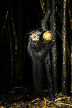 Aye-aye - 18, Palmarium, Madagascar Here it is, the Aye-Aye, the primate woodpecker, rodent, bat or "heh heh", Malagasy for "I don't know". <br />
<br />
"I don't know" is exactly the first thing that popped into my brain upon seeing it. My brain struggled to understand what it was seeing, despite having read about Aye-ayes at a basic level. It just doesn't register or fit into any boxes.<br />
<br />
My second thought was that if I would not know any better, I'd go along with the local superstition that this is a demonic animal. <br />
<br />
Science didn't really know either in earlier times. This creature first was considered a rodent, based on its teeth that perpetually grow and thus must constantly be worn down. It took a long time for it to be considered a primate, and specifically a lemur.<br />
<br />
A very weird primate. Its ears are huge and have inner ridges similar to bats, optimized for echolocation, making this the only primate to use this.<br />
<br />
Echolocation comes into play when its taps its lengthy 3rd finger rapidly on tree tunks to locate insects/larvae inside. Next, it uses its strong teeth to gnawl a hole into the trunk. Finally, it uses its extremely lengthy 4th finger to rapidly pull out the contents, like a machine gun, using a special hooked nail.<br />
<br />
I had always imagined the Aye-aye to be kind of like a Koala: small, slow, and vulnerable. I was wrong at every level. It's pretty large, combined with the tail above 1m in length. It's very fast and escapes a scene in about 2 seconds. It's teeth and fingers are not careful or fragile tools, they're like power tools. <br />
<br />
The backstory: from Palmarium, on dry nights, you can take a boat to an uninhabited island. On the island live 6-8 Aye-ayes. They are typically in the canopy of a mangrove forest. Coconuts are strategically placed at a lower level to lure them down. Flash lights and camera flash are disallowed, yet when the lure action is succesful, a relatively weak area light shines on the feeding Aye-aye, which does not seem to disturb them.<br />
<br />
Photographing them is challenging due to the lack of flash and the light source being quite weak, but it can be done with some special measures.<br />
<br />
To Henriette and me, the Aye-aye was this year's trophy and a proper closure on 3 years of Madagascar, so I'm going to be generous in sharing many shots of this fantastic animal. We're not done with the set though, not quite yet.<br />
<br />
https://www.jungledragon.com/image/87321/aye-aye_-_1_palmarium_madagascar.html<br />
https://www.jungledragon.com/image/87322/aye-aye_-_2_palmarium_madagascar.html<br />
https://www.jungledragon.com/image/87323/aye-aye_-_3_palmarium_madagascar.html<br />
https://www.jungledragon.com/image/87324/aye-aye_-_4_palmarium_madagascar.html<br />
https://www.jungledragon.com/image/87325/aye-aye_-_5_palmarium_madagascar.html<br />
https://www.jungledragon.com/image/87326/aye-aye_-_6_palmarium_madagascar.html<br />
https://www.jungledragon.com/image/87327/aye-aye_-_7_palmarium_madagascar.html<br />
https://www.jungledragon.com/image/87328/aye-aye_-_8_palmarium_madagascar.html<br />
https://www.jungledragon.com/image/87329/aye-aye_-_9_palmarium_madagascar.html<br />
https://www.jungledragon.com/image/87330/aye-aye_-_10_palmarium_madagascar.html<br />
https://www.jungledragon.com/image/87331/aye-aye_-_11_palmarium_madagascar.html<br />
https://www.jungledragon.com/image/87332/aye-aye_-_12_palmarium_madagascar.html<br />
https://www.jungledragon.com/image/87333/aye-aye_-_13_palmarium_madagascar.html<br />
https://www.jungledragon.com/image/87334/aye-aye_-_14_palmarium_madagascar.html<br />
https://www.jungledragon.com/image/87335/aye-aye_-_15_palmarium_madagascar.html<br />
https://www.jungledragon.com/image/87336/aye-aye_-_16_palmarium_madagascar.html<br />
https://www.jungledragon.com/image/87337/aye-aye_-_17_palmarium_madagascar.html<br />
https://www.jungledragon.com/image/87339/aye-aye_-_19_palmarium_madagascar.html<br />
https://www.jungledragon.com/image/87340/aye-aye_-_20_palmarium_madagascar.html<br />
<br />
https://www.youtube.com/watch?v=295rx5Dqsf4 Africa,Aye-aye,Daubentonia madagascariensis,Geotagged,Madagascar,Madagascar 2019,Palmarium reserve,Winter,World