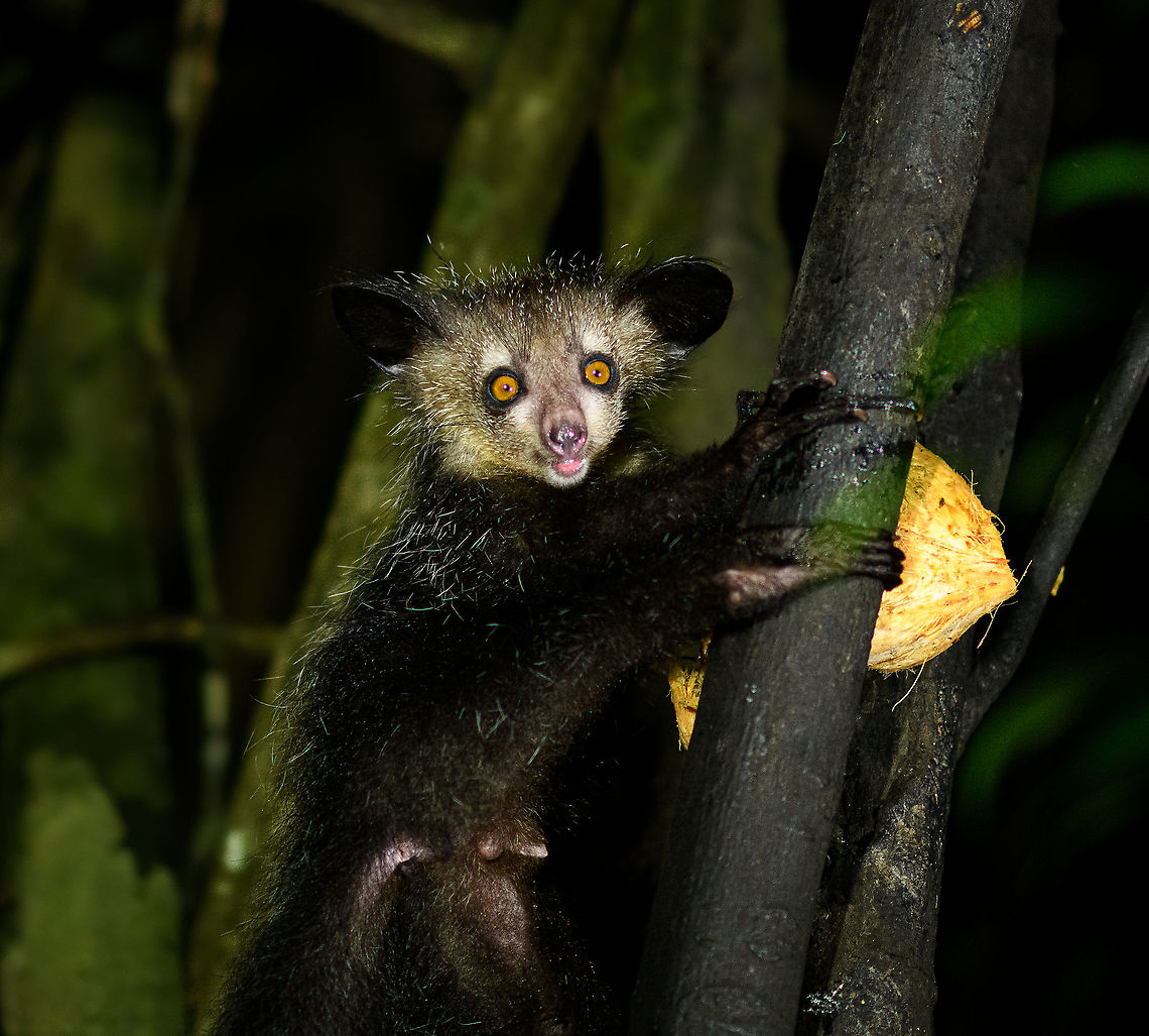 Aye-aye - 19, Palmarium, Madagascar Here it is, the Aye-Aye, the primate woodpecker, rodent, bat or "heh heh", Malagasy for "I don't know". <br />
<br />
"I don't know" is exactly the first thing that popped into my brain upon seeing it. My brain struggled to understand what it was seeing, despite having read about Aye-ayes at a basic level. It just doesn't register or fit into any boxes.<br />
<br />
My second thought was that if I would not know any better, I'd go along with the local superstition that this is a demonic animal. <br />
<br />
Science didn't really know either in earlier times. This creature first was considered a rodent, based on its teeth that perpetually grow and thus must constantly be worn down. It took a long time for it to be considered a primate, and specifically a lemur.<br />
<br />
A very weird primate. Its ears are huge and have inner ridges similar to bats, optimized for echolocation, making this the only primate to use this.<br />
<br />
Echolocation comes into play when its taps its lengthy 3rd finger rapidly on tree tunks to locate insects/larvae inside. Next, it uses its strong teeth to gnawl a hole into the trunk. Finally, it uses its extremely lengthy 4th finger to rapidly pull out the contents, like a machine gun, using a special hooked nail.<br />
<br />
I had always imagined the Aye-aye to be kind of like a Koala: small, slow, and vulnerable. I was wrong at every level. It's pretty large, combined with the tail above 1m in length. It's very fast and escapes a scene in about 2 seconds. It's teeth and fingers are not careful or fragile tools, they're like power tools. <br />
<br />
The backstory: from Palmarium, on dry nights, you can take a boat to an uninhabited island. On the island live 6-8 Aye-ayes. They are typically in the canopy of a mangrove forest. Coconuts are strategically placed at a lower level to lure them down. Flash lights and camera flash are disallowed, yet when the lure action is succesful, a relatively weak area light shines on the feeding Aye-aye, which does not seem to disturb them.<br />
<br />
Photographing them is challenging due to the lack of flash and the light source being quite weak, but it can be done with some special measures.<br />
<br />
To Henriette and me, the Aye-aye was this year's trophy and a proper closure on 3 years of Madagascar, so I'm going to be generous in sharing many shots of this fantastic animal. We're not done with the set though, not quite yet.<br />
<br />
<figure class="photo"><a href="https://www.jungledragon.com/image/87321/aye-aye_-_1_palmarium_madagascar.html" title="Aye-aye - 1, Palmarium, Madagascar"><img src="https://s3.amazonaws.com/media.jungledragon.com/images/2/87321_thumb.jpg?AWSAccessKeyId=05GMT0V3GWVNE7GGM1R2&Expires=1770854410&Signature=8atIgKM%2F%2FKN5CRm%2BTJWfdKwNcE0%3D" width="200" height="130" alt="Aye-aye - 1, Palmarium, Madagascar Here it is, the Aye-Aye, the primate woodpecker, rodent, bat or "heh heh", Malagasy for "I don't know". <br />
<br />
"I don't know" is exactly the first thing that popped into my brain upon seeing it. My brain struggled to understand what it was seeing, despite having read about Aye-ayes at a basic level. It just doesn't register or fit into any boxes.<br />
<br />
My second thought was that if I would not know any better, I'd go along with the local superstition that this is a demonic animal. <br />
<br />
Science didn't really know either in earlier times. This creature first was considered a rodent, based on its teeth that perpetually grow and thus must constantly be worn down. It took a long time for it to be considered a primate, and specifically a lemur.<br />
<br />
A very weird primate. Its ears are huge and have inner ridges similar to bats, optimized for echolocation, making this the only primate to use this.<br />
<br />
Echolocation comes into play when its taps its lengthy 3rd finger rapidly on tree tunks to locate insects/larvae inside. Next, it uses its strong teeth to gnawl a hole into the trunk. Finally, it uses its extremely lengthy 4th finger to rapidly pull out the contents, like a machine gun, using a special hooked nail.<br />
<br />
I had always imagined the Aye-aye to be kind of like a Koala: small, slow, and vulnerable. I was wrong at every level. It's pretty large, combined with the tail above 1m in length. It's very fast and escapes a scene in about 2 seconds. It's teeth and fingers are not careful or fragile tools, they're like power tools. <br />
<br />
The backstory: from Palmarium, on dry nights, you can take a boat to an uninhabited island. On the island live 6-8 Aye-ayes. They are typically in the canopy of a mangrove forest. Coconuts are strategically placed at a lower level to lure them down. Flash lights and camera flash are disallowed, yet when the lure action is succesful, a relatively weak area light shines on the feeding Aye-aye, which does not seem to disturb them.<br />
<br />
Photographing them is challenging due to the lack of flash and the light source being quite weak, but it can be done with some special measures.<br />
<br />
To Henriette and me, the Aye-aye was this year's trophy and a proper closure on 3 years of Madagascar, so I'm going to be generous in sharing many shots of this fantastic animal. We're not done with the set though, not quite yet.<br />
<br />
https://www.jungledragon.com/image/87322/aye-aye_-_2_palmarium_madagascar.html<br />
https://www.jungledragon.com/image/87323/aye-aye_-_3_palmarium_madagascar.html<br />
https://www.jungledragon.com/image/87324/aye-aye_-_4_palmarium_madagascar.html<br />
https://www.jungledragon.com/image/87325/aye-aye_-_5_palmarium_madagascar.html<br />
https://www.jungledragon.com/image/87326/aye-aye_-_6_palmarium_madagascar.html<br />
https://www.jungledragon.com/image/87327/aye-aye_-_7_palmarium_madagascar.html<br />
https://www.jungledragon.com/image/87328/aye-aye_-_8_palmarium_madagascar.html<br />
https://www.jungledragon.com/image/87329/aye-aye_-_9_palmarium_madagascar.html<br />
https://www.jungledragon.com/image/87330/aye-aye_-_10_palmarium_madagascar.html<br />
https://www.jungledragon.com/image/87331/aye-aye_-_11_palmarium_madagascar.html<br />
https://www.jungledragon.com/image/87332/aye-aye_-_12_palmarium_madagascar.html<br />
https://www.jungledragon.com/image/87333/aye-aye_-_13_palmarium_madagascar.html<br />
https://www.jungledragon.com/image/87334/aye-aye_-_14_palmarium_madagascar.html<br />
https://www.jungledragon.com/image/87335/aye-aye_-_15_palmarium_madagascar.html<br />
https://www.jungledragon.com/image/87336/aye-aye_-_16_palmarium_madagascar.html<br />
https://www.jungledragon.com/image/87337/aye-aye_-_17_palmarium_madagascar.html<br />
https://www.jungledragon.com/image/87338/aye-aye_-_18_palmarium_madagascar.html<br />
https://www.jungledragon.com/image/87339/aye-aye_-_19_palmarium_madagascar.html<br />
https://www.jungledragon.com/image/87340/aye-aye_-_20_palmarium_madagascar.html<br />
<br />
https://www.youtube.com/watch?v=295rx5Dqsf4 Africa,Aye-aye,Daubentonia madagascariensis,Geotagged,Madagascar,Madagascar 2019,Palmarium reserve,Winter,World" /></a></figure><br />
<figure class="photo"><a href="https://www.jungledragon.com/image/87322/aye-aye_-_2_palmarium_madagascar.html" title="Aye-aye - 2, Palmarium, Madagascar"><img src="https://s3.amazonaws.com/media.jungledragon.com/images/2/87322_thumb.jpg?AWSAccessKeyId=05GMT0V3GWVNE7GGM1R2&Expires=1770854410&Signature=4tdsgqzZpoIlwYfH7rosaJlm%2Bpo%3D" width="144" height="152" alt="Aye-aye - 2, Palmarium, Madagascar Here it is, the Aye-Aye, the primate woodpecker, rodent, bat or "heh heh", Malagasy for "I don't know". <br />
<br />
"I don't know" is exactly the first thing that popped into my brain upon seeing it. My brain struggled to understand what it was seeing, despite having read about Aye-ayes at a basic level. It just doesn't register or fit into any boxes.<br />
<br />
My second thought was that if I would not know any better, I'd go along with the local superstition that this is a demonic animal. <br />
<br />
Science didn't really know either in earlier times. This creature first was considered a rodent, based on its teeth that perpetually grow and thus must constantly be worn down. It took a long time for it to be considered a primate, and specifically a lemur.<br />
<br />
A very weird primate. Its ears are huge and have inner ridges similar to bats, optimized for echolocation, making this the only primate to use this.<br />
<br />
Echolocation comes into play when its taps its lengthy 3rd finger rapidly on tree tunks to locate insects/larvae inside. Next, it uses its strong teeth to gnawl a hole into the trunk. Finally, it uses its extremely lengthy 4th finger to rapidly pull out the contents, like a machine gun, using a special hooked nail.<br />
<br />
I had always imagined the Aye-aye to be kind of like a Koala: small, slow, and vulnerable. I was wrong at every level. It's pretty large, combined with the tail above 1m in length. It's very fast and escapes a scene in about 2 seconds. It's teeth and fingers are not careful or fragile tools, they're like power tools. <br />
<br />
The backstory: from Palmarium, on dry nights, you can take a boat to an uninhabited island. On the island live 6-8 Aye-ayes. They are typically in the canopy of a mangrove forest. Coconuts are strategically placed at a lower level to lure them down. Flash lights and camera flash are disallowed, yet when the lure action is succesful, a relatively weak area light shines on the feeding Aye-aye, which does not seem to disturb them.<br />
<br />
Photographing them is challenging due to the lack of flash and the light source being quite weak, but it can be done with some special measures.<br />
<br />
To Henriette and me, the Aye-aye was this year's trophy and a proper closure on 3 years of Madagascar, so I'm going to be generous in sharing many shots of this fantastic animal. We're not done with the set though, not quite yet.<br />
<br />
https://www.jungledragon.com/image/87321/aye-aye_-_1_palmarium_madagascar.html<br />
https://www.jungledragon.com/image/87323/aye-aye_-_3_palmarium_madagascar.html<br />
https://www.jungledragon.com/image/87324/aye-aye_-_4_palmarium_madagascar.html<br />
https://www.jungledragon.com/image/87325/aye-aye_-_5_palmarium_madagascar.html<br />
https://www.jungledragon.com/image/87326/aye-aye_-_6_palmarium_madagascar.html<br />
https://www.jungledragon.com/image/87327/aye-aye_-_7_palmarium_madagascar.html<br />
https://www.jungledragon.com/image/87328/aye-aye_-_8_palmarium_madagascar.html<br />
https://www.jungledragon.com/image/87329/aye-aye_-_9_palmarium_madagascar.html<br />
https://www.jungledragon.com/image/87330/aye-aye_-_10_palmarium_madagascar.html<br />
https://www.jungledragon.com/image/87331/aye-aye_-_11_palmarium_madagascar.html<br />
https://www.jungledragon.com/image/87332/aye-aye_-_12_palmarium_madagascar.html<br />
https://www.jungledragon.com/image/87333/aye-aye_-_13_palmarium_madagascar.html<br />
https://www.jungledragon.com/image/87334/aye-aye_-_14_palmarium_madagascar.html<br />
https://www.jungledragon.com/image/87335/aye-aye_-_15_palmarium_madagascar.html<br />
https://www.jungledragon.com/image/87336/aye-aye_-_16_palmarium_madagascar.html<br />
https://www.jungledragon.com/image/87337/aye-aye_-_17_palmarium_madagascar.html<br />
https://www.jungledragon.com/image/87338/aye-aye_-_18_palmarium_madagascar.html<br />
https://www.jungledragon.com/image/87339/aye-aye_-_19_palmarium_madagascar.html<br />
https://www.jungledragon.com/image/87340/aye-aye_-_20_palmarium_madagascar.html<br />
<br />
https://www.youtube.com/watch?v=295rx5Dqsf4 Africa,Aye-aye,Daubentonia madagascariensis,Geotagged,Madagascar,Madagascar 2019,Palmarium reserve,Winter,World" /></a></figure><br />
<figure class="photo"><a href="https://www.jungledragon.com/image/87323/aye-aye_-_3_palmarium_madagascar.html" title="Aye-aye - 3, Palmarium, Madagascar"><img src="https://s3.amazonaws.com/media.jungledragon.com/images/2/87323_thumb.jpg?AWSAccessKeyId=05GMT0V3GWVNE7GGM1R2&Expires=1770854410&Signature=tCpGlcYgBPRTw5xTCj6aWvujYYU%3D" width="124" height="152" alt="Aye-aye - 3, Palmarium, Madagascar Here it is, the Aye-Aye, the primate woodpecker, rodent, bat or "heh heh", Malagasy for "I don't know". <br />
<br />
"I don't know" is exactly the first thing that popped into my brain upon seeing it. My brain struggled to understand what it was seeing, despite having read about Aye-ayes at a basic level. It just doesn't register or fit into any boxes.<br />
<br />
My second thought was that if I would not know any better, I'd go along with the local superstition that this is a demonic animal. <br />
<br />
Science didn't really know either in earlier times. This creature first was considered a rodent, based on its teeth that perpetually grow and thus must constantly be worn down. It took a long time for it to be considered a primate, and specifically a lemur.<br />
<br />
A very weird primate. Its ears are huge and have inner ridges similar to bats, optimized for echolocation, making this the only primate to use this.<br />
<br />
Echolocation comes into play when its taps its lengthy 3rd finger rapidly on tree tunks to locate insects/larvae inside. Next, it uses its strong teeth to gnawl a hole into the trunk. Finally, it uses its extremely lengthy 4th finger to rapidly pull out the contents, like a machine gun, using a special hooked nail.<br />
<br />
I had always imagined the Aye-aye to be kind of like a Koala: small, slow, and vulnerable. I was wrong at every level. It's pretty large, combined with the tail above 1m in length. It's very fast and escapes a scene in about 2 seconds. It's teeth and fingers are not careful or fragile tools, they're like power tools. <br />
<br />
The backstory: from Palmarium, on dry nights, you can take a boat to an uninhabited island. On the island live 6-8 Aye-ayes. They are typically in the canopy of a mangrove forest. Coconuts are strategically placed at a lower level to lure them down. Flash lights and camera flash are disallowed, yet when the lure action is succesful, a relatively weak area light shines on the feeding Aye-aye, which does not seem to disturb them.<br />
<br />
Photographing them is challenging due to the lack of flash and the light source being quite weak, but it can be done with some special measures.<br />
<br />
To Henriette and me, the Aye-aye was this year's trophy and a proper closure on 3 years of Madagascar, so I'm going to be generous in sharing many shots of this fantastic animal. We're not done with the set though, not quite yet.<br />
<br />
https://www.jungledragon.com/image/87321/aye-aye_-_1_palmarium_madagascar.html<br />
https://www.jungledragon.com/image/87322/aye-aye_-_2_palmarium_madagascar.html<br />
https://www.jungledragon.com/image/87324/aye-aye_-_4_palmarium_madagascar.html<br />
https://www.jungledragon.com/image/87325/aye-aye_-_5_palmarium_madagascar.html<br />
https://www.jungledragon.com/image/87326/aye-aye_-_6_palmarium_madagascar.html<br />
https://www.jungledragon.com/image/87327/aye-aye_-_7_palmarium_madagascar.html<br />
https://www.jungledragon.com/image/87328/aye-aye_-_8_palmarium_madagascar.html<br />
https://www.jungledragon.com/image/87329/aye-aye_-_9_palmarium_madagascar.html<br />
https://www.jungledragon.com/image/87330/aye-aye_-_10_palmarium_madagascar.html<br />
https://www.jungledragon.com/image/87331/aye-aye_-_11_palmarium_madagascar.html<br />
https://www.jungledragon.com/image/87332/aye-aye_-_12_palmarium_madagascar.html<br />
https://www.jungledragon.com/image/87333/aye-aye_-_13_palmarium_madagascar.html<br />
https://www.jungledragon.com/image/87334/aye-aye_-_14_palmarium_madagascar.html<br />
https://www.jungledragon.com/image/87335/aye-aye_-_15_palmarium_madagascar.html<br />
https://www.jungledragon.com/image/87336/aye-aye_-_16_palmarium_madagascar.html<br />
https://www.jungledragon.com/image/87337/aye-aye_-_17_palmarium_madagascar.html<br />
https://www.jungledragon.com/image/87338/aye-aye_-_18_palmarium_madagascar.html<br />
https://www.jungledragon.com/image/87339/aye-aye_-_19_palmarium_madagascar.html<br />
https://www.jungledragon.com/image/87340/aye-aye_-_20_palmarium_madagascar.html<br />
<br />
https://www.youtube.com/watch?v=295rx5Dqsf4 Africa,Aye-aye,Daubentonia madagascariensis,Madagascar,Madagascar 2019,Palmarium reserve,World" /></a></figure><br />
<figure class="photo"><a href="https://www.jungledragon.com/image/87324/aye-aye_-_4_palmarium_madagascar.html" title="Aye-aye - 4, Palmarium, Madagascar"><img src="https://s3.amazonaws.com/media.jungledragon.com/images/2/87324_thumb.jpg?AWSAccessKeyId=05GMT0V3GWVNE7GGM1R2&Expires=1770854410&Signature=%2FL2L9ttN%2FtYoD5c8PyjSFrWWqJk%3D" width="200" height="166" alt="Aye-aye - 4, Palmarium, Madagascar Here it is, the Aye-Aye, the primate woodpecker, rodent, bat or "heh heh", Malagasy for "I don't know". <br />
<br />
"I don't know" is exactly the first thing that popped into my brain upon seeing it. My brain struggled to understand what it was seeing, despite having read about Aye-ayes at a basic level. It just doesn't register or fit into any boxes.<br />
<br />
My second thought was that if I would not know any better, I'd go along with the local superstition that this is a demonic animal. <br />
<br />
Science didn't really know either in earlier times. This creature first was considered a rodent, based on its teeth that perpetually grow and thus must constantly be worn down. It took a long time for it to be considered a primate, and specifically a lemur.<br />
<br />
A very weird primate. Its ears are huge and have inner ridges similar to bats, optimized for echolocation, making this the only primate to use this.<br />
<br />
Echolocation comes into play when its taps its lengthy 3rd finger rapidly on tree tunks to locate insects/larvae inside. Next, it uses its strong teeth to gnawl a hole into the trunk. Finally, it uses its extremely lengthy 4th finger to rapidly pull out the contents, like a machine gun, using a special hooked nail.<br />
<br />
I had always imagined the Aye-aye to be kind of like a Koala: small, slow, and vulnerable. I was wrong at every level. It's pretty large, combined with the tail above 1m in length. It's very fast and escapes a scene in about 2 seconds. It's teeth and fingers are not careful or fragile tools, they're like power tools. <br />
<br />
The backstory: from Palmarium, on dry nights, you can take a boat to an uninhabited island. On the island live 6-8 Aye-ayes. They are typically in the canopy of a mangrove forest. Coconuts are strategically placed at a lower level to lure them down. Flash lights and camera flash are disallowed, yet when the lure action is succesful, a relatively weak area light shines on the feeding Aye-aye, which does not seem to disturb them.<br />
<br />
Photographing them is challenging due to the lack of flash and the light source being quite weak, but it can be done with some special measures.<br />
<br />
To Henriette and me, the Aye-aye was this year's trophy and a proper closure on 3 years of Madagascar, so I'm going to be generous in sharing many shots of this fantastic animal. We're not done with the set though, not quite yet.<br />
<br />
https://www.jungledragon.com/image/87321/aye-aye_-_1_palmarium_madagascar.html<br />
https://www.jungledragon.com/image/87322/aye-aye_-_2_palmarium_madagascar.html<br />
https://www.jungledragon.com/image/87323/aye-aye_-_3_palmarium_madagascar.html<br />
https://www.jungledragon.com/image/87325/aye-aye_-_5_palmarium_madagascar.html<br />
https://www.jungledragon.com/image/87326/aye-aye_-_6_palmarium_madagascar.html<br />
https://www.jungledragon.com/image/87327/aye-aye_-_7_palmarium_madagascar.html<br />
https://www.jungledragon.com/image/87328/aye-aye_-_8_palmarium_madagascar.html<br />
https://www.jungledragon.com/image/87329/aye-aye_-_9_palmarium_madagascar.html<br />
https://www.jungledragon.com/image/87330/aye-aye_-_10_palmarium_madagascar.html<br />
https://www.jungledragon.com/image/87331/aye-aye_-_11_palmarium_madagascar.html<br />
https://www.jungledragon.com/image/87332/aye-aye_-_12_palmarium_madagascar.html<br />
https://www.jungledragon.com/image/87333/aye-aye_-_13_palmarium_madagascar.html<br />
https://www.jungledragon.com/image/87334/aye-aye_-_14_palmarium_madagascar.html<br />
https://www.jungledragon.com/image/87335/aye-aye_-_15_palmarium_madagascar.html<br />
https://www.jungledragon.com/image/87336/aye-aye_-_16_palmarium_madagascar.html<br />
https://www.jungledragon.com/image/87337/aye-aye_-_17_palmarium_madagascar.html<br />
https://www.jungledragon.com/image/87338/aye-aye_-_18_palmarium_madagascar.html<br />
https://www.jungledragon.com/image/87339/aye-aye_-_19_palmarium_madagascar.html<br />
https://www.jungledragon.com/image/87340/aye-aye_-_20_palmarium_madagascar.html<br />
<br />
https://www.youtube.com/watch?v=295rx5Dqsf4 Africa,Aye-aye,Daubentonia madagascariensis,Geotagged,Madagascar,Madagascar 2019,Palmarium reserve,Winter,World" /></a></figure><br />
<figure class="photo"><a href="https://www.jungledragon.com/image/87325/aye-aye_-_5_palmarium_madagascar.html" title="Aye-aye - 5, Palmarium, Madagascar"><img src="https://s3.amazonaws.com/media.jungledragon.com/images/2/87325_thumb.jpg?AWSAccessKeyId=05GMT0V3GWVNE7GGM1R2&Expires=1770854410&Signature=yNPx2MIE5jFIieysb5IO3fnIKHk%3D" width="200" height="134" alt="Aye-aye - 5, Palmarium, Madagascar Here it is, the Aye-Aye, the primate woodpecker, rodent, bat or "heh heh", Malagasy for "I don't know". <br />
<br />
"I don't know" is exactly the first thing that popped into my brain upon seeing it. My brain struggled to understand what it was seeing, despite having read about Aye-ayes at a basic level. It just doesn't register or fit into any boxes.<br />
<br />
My second thought was that if I would not know any better, I'd go along with the local superstition that this is a demonic animal. <br />
<br />
Science didn't really know either in earlier times. This creature first was considered a rodent, based on its teeth that perpetually grow and thus must constantly be worn down. It took a long time for it to be considered a primate, and specifically a lemur.<br />
<br />
A very weird primate. Its ears are huge and have inner ridges similar to bats, optimized for echolocation, making this the only primate to use this.<br />
<br />
Echolocation comes into play when its taps its lengthy 3rd finger rapidly on tree tunks to locate insects/larvae inside. Next, it uses its strong teeth to gnawl a hole into the trunk. Finally, it uses its extremely lengthy 4th finger to rapidly pull out the contents, like a machine gun, using a special hooked nail.<br />
<br />
I had always imagined the Aye-aye to be kind of like a Koala: small, slow, and vulnerable. I was wrong at every level. It's pretty large, combined with the tail above 1m in length. It's very fast and escapes a scene in about 2 seconds. It's teeth and fingers are not careful or fragile tools, they're like power tools. <br />
<br />
The backstory: from Palmarium, on dry nights, you can take a boat to an uninhabited island. On the island live 6-8 Aye-ayes. They are typically in the canopy of a mangrove forest. Coconuts are strategically placed at a lower level to lure them down. Flash lights and camera flash are disallowed, yet when the lure action is succesful, a relatively weak area light shines on the feeding Aye-aye, which does not seem to disturb them.<br />
<br />
Photographing them is challenging due to the lack of flash and the light source being quite weak, but it can be done with some special measures.<br />
<br />
To Henriette and me, the Aye-aye was this year's trophy and a proper closure on 3 years of Madagascar, so I'm going to be generous in sharing many shots of this fantastic animal. We're not done with the set though, not quite yet.<br />
<br />
https://www.jungledragon.com/image/87321/aye-aye_-_1_palmarium_madagascar.html<br />
https://www.jungledragon.com/image/87322/aye-aye_-_2_palmarium_madagascar.html<br />
https://www.jungledragon.com/image/87323/aye-aye_-_3_palmarium_madagascar.html<br />
https://www.jungledragon.com/image/87324/aye-aye_-_4_palmarium_madagascar.html<br />
https://www.jungledragon.com/image/87326/aye-aye_-_6_palmarium_madagascar.html<br />
https://www.jungledragon.com/image/87327/aye-aye_-_7_palmarium_madagascar.html<br />
https://www.jungledragon.com/image/87328/aye-aye_-_8_palmarium_madagascar.html<br />
https://www.jungledragon.com/image/87329/aye-aye_-_9_palmarium_madagascar.html<br />
https://www.jungledragon.com/image/87330/aye-aye_-_10_palmarium_madagascar.html<br />
https://www.jungledragon.com/image/87331/aye-aye_-_11_palmarium_madagascar.html<br />
https://www.jungledragon.com/image/87332/aye-aye_-_12_palmarium_madagascar.html<br />
https://www.jungledragon.com/image/87333/aye-aye_-_13_palmarium_madagascar.html<br />
https://www.jungledragon.com/image/87334/aye-aye_-_14_palmarium_madagascar.html<br />
https://www.jungledragon.com/image/87335/aye-aye_-_15_palmarium_madagascar.html<br />
https://www.jungledragon.com/image/87336/aye-aye_-_16_palmarium_madagascar.html<br />
https://www.jungledragon.com/image/87337/aye-aye_-_17_palmarium_madagascar.html<br />
https://www.jungledragon.com/image/87338/aye-aye_-_18_palmarium_madagascar.html<br />
https://www.jungledragon.com/image/87339/aye-aye_-_19_palmarium_madagascar.html<br />
https://www.jungledragon.com/image/87340/aye-aye_-_20_palmarium_madagascar.html<br />
<br />
https://www.youtube.com/watch?v=295rx5Dqsf4 Africa,Aye-aye,Daubentonia madagascariensis,Geotagged,Madagascar,Madagascar 2019,Palmarium reserve,Winter,World" /></a></figure><br />
<figure class="photo"><a href="https://www.jungledragon.com/image/87326/aye-aye_-_6_palmarium_madagascar.html" title="Aye-aye - 6, Palmarium, Madagascar"><img src="https://s3.amazonaws.com/media.jungledragon.com/images/2/87326_thumb.jpg?AWSAccessKeyId=05GMT0V3GWVNE7GGM1R2&Expires=1770854410&Signature=MjJF0jZC23W1IkqkcOMJDARPfkc%3D" width="102" height="152" alt="Aye-aye - 6, Palmarium, Madagascar Here it is, the Aye-Aye, the primate woodpecker, rodent, bat or "heh heh", Malagasy for "I don't know". <br />
<br />
"I don't know" is exactly the first thing that popped into my brain upon seeing it. My brain struggled to understand what it was seeing, despite having read about Aye-ayes at a basic level. It just doesn't register or fit into any boxes.<br />
<br />
My second thought was that if I would not know any better, I'd go along with the local superstition that this is a demonic animal. <br />
<br />
Science didn't really know either in earlier times. This creature first was considered a rodent, based on its teeth that perpetually grow and thus must constantly be worn down. It took a long time for it to be considered a primate, and specifically a lemur.<br />
<br />
A very weird primate. Its ears are huge and have inner ridges similar to bats, optimized for echolocation, making this the only primate to use this.<br />
<br />
Echolocation comes into play when its taps its lengthy 3rd finger rapidly on tree tunks to locate insects/larvae inside. Next, it uses its strong teeth to gnawl a hole into the trunk. Finally, it uses its extremely lengthy 4th finger to rapidly pull out the contents, like a machine gun, using a special hooked nail.<br />
<br />
I had always imagined the Aye-aye to be kind of like a Koala: small, slow, and vulnerable. I was wrong at every level. It's pretty large, combined with the tail above 1m in length. It's very fast and escapes a scene in about 2 seconds. It's teeth and fingers are not careful or fragile tools, they're like power tools. <br />
<br />
The backstory: from Palmarium, on dry nights, you can take a boat to an uninhabited island. On the island live 6-8 Aye-ayes. They are typically in the canopy of a mangrove forest. Coconuts are strategically placed at a lower level to lure them down. Flash lights and camera flash are disallowed, yet when the lure action is succesful, a relatively weak area light shines on the feeding Aye-aye, which does not seem to disturb them.<br />
<br />
Photographing them is challenging due to the lack of flash and the light source being quite weak, but it can be done with some special measures.<br />
<br />
To Henriette and me, the Aye-aye was this year's trophy and a proper closure on 3 years of Madagascar, so I'm going to be generous in sharing many shots of this fantastic animal. We're not done with the set though, not quite yet.<br />
<br />
https://www.jungledragon.com/image/87321/aye-aye_-_1_palmarium_madagascar.html<br />
https://www.jungledragon.com/image/87322/aye-aye_-_2_palmarium_madagascar.html<br />
https://www.jungledragon.com/image/87323/aye-aye_-_3_palmarium_madagascar.html<br />
https://www.jungledragon.com/image/87324/aye-aye_-_4_palmarium_madagascar.html<br />
https://www.jungledragon.com/image/87325/aye-aye_-_5_palmarium_madagascar.html<br />
https://www.jungledragon.com/image/87327/aye-aye_-_7_palmarium_madagascar.html<br />
https://www.jungledragon.com/image/87328/aye-aye_-_8_palmarium_madagascar.html<br />
https://www.jungledragon.com/image/87329/aye-aye_-_9_palmarium_madagascar.html<br />
https://www.jungledragon.com/image/87330/aye-aye_-_10_palmarium_madagascar.html<br />
https://www.jungledragon.com/image/87331/aye-aye_-_11_palmarium_madagascar.html<br />
https://www.jungledragon.com/image/87332/aye-aye_-_12_palmarium_madagascar.html<br />
https://www.jungledragon.com/image/87333/aye-aye_-_13_palmarium_madagascar.html<br />
https://www.jungledragon.com/image/87334/aye-aye_-_14_palmarium_madagascar.html<br />
https://www.jungledragon.com/image/87335/aye-aye_-_15_palmarium_madagascar.html<br />
https://www.jungledragon.com/image/87336/aye-aye_-_16_palmarium_madagascar.html<br />
https://www.jungledragon.com/image/87337/aye-aye_-_17_palmarium_madagascar.html<br />
https://www.jungledragon.com/image/87338/aye-aye_-_18_palmarium_madagascar.html<br />
https://www.jungledragon.com/image/87339/aye-aye_-_19_palmarium_madagascar.html<br />
https://www.jungledragon.com/image/87340/aye-aye_-_20_palmarium_madagascar.html<br />
<br />
https://www.youtube.com/watch?v=295rx5Dqsf4 Africa,Aye-aye,Daubentonia madagascariensis,Geotagged,Madagascar,Madagascar 2019,Palmarium reserve,Winter,World" /></a></figure><br />
<figure class="photo"><a href="https://www.jungledragon.com/image/87327/aye-aye_-_7_palmarium_madagascar.html" title="Aye-aye - 7, Palmarium, Madagascar"><img src="https://s3.amazonaws.com/media.jungledragon.com/images/2/87327_thumb.jpg?AWSAccessKeyId=05GMT0V3GWVNE7GGM1R2&Expires=1770854410&Signature=flEggrTsIWOQCHs6Os1m3F%2BjuEY%3D" width="200" height="170" alt="Aye-aye - 7, Palmarium, Madagascar Here it is, the Aye-Aye, the primate woodpecker, rodent, bat or "heh heh", Malagasy for "I don't know". <br />
<br />
"I don't know" is exactly the first thing that popped into my brain upon seeing it. My brain struggled to understand what it was seeing, despite having read about Aye-ayes at a basic level. It just doesn't register or fit into any boxes.<br />
<br />
My second thought was that if I would not know any better, I'd go along with the local superstition that this is a demonic animal. <br />
<br />
Science didn't really know either in earlier times. This creature first was considered a rodent, based on its teeth that perpetually grow and thus must constantly be worn down. It took a long time for it to be considered a primate, and specifically a lemur.<br />
<br />
A very weird primate. Its ears are huge and have inner ridges similar to bats, optimized for echolocation, making this the only primate to use this.<br />
<br />
Echolocation comes into play when its taps its lengthy 3rd finger rapidly on tree tunks to locate insects/larvae inside. Next, it uses its strong teeth to gnawl a hole into the trunk. Finally, it uses its extremely lengthy 4th finger to rapidly pull out the contents, like a machine gun, using a special hooked nail.<br />
<br />
I had always imagined the Aye-aye to be kind of like a Koala: small, slow, and vulnerable. I was wrong at every level. It's pretty large, combined with the tail above 1m in length. It's very fast and escapes a scene in about 2 seconds. It's teeth and fingers are not careful or fragile tools, they're like power tools. <br />
<br />
The backstory: from Palmarium, on dry nights, you can take a boat to an uninhabited island. On the island live 6-8 Aye-ayes. They are typically in the canopy of a mangrove forest. Coconuts are strategically placed at a lower level to lure them down. Flash lights and camera flash are disallowed, yet when the lure action is succesful, a relatively weak area light shines on the feeding Aye-aye, which does not seem to disturb them.<br />
<br />
Photographing them is challenging due to the lack of flash and the light source being quite weak, but it can be done with some special measures.<br />
<br />
To Henriette and me, the Aye-aye was this year's trophy and a proper closure on 3 years of Madagascar, so I'm going to be generous in sharing many shots of this fantastic animal. We're not done with the set though, not quite yet.<br />
<br />
https://www.jungledragon.com/image/87321/aye-aye_-_1_palmarium_madagascar.html<br />
https://www.jungledragon.com/image/87322/aye-aye_-_2_palmarium_madagascar.html<br />
https://www.jungledragon.com/image/87323/aye-aye_-_3_palmarium_madagascar.html<br />
https://www.jungledragon.com/image/87324/aye-aye_-_4_palmarium_madagascar.html<br />
https://www.jungledragon.com/image/87325/aye-aye_-_5_palmarium_madagascar.html<br />
https://www.jungledragon.com/image/87326/aye-aye_-_6_palmarium_madagascar.html<br />
https://www.jungledragon.com/image/87328/aye-aye_-_8_palmarium_madagascar.html<br />
https://www.jungledragon.com/image/87329/aye-aye_-_9_palmarium_madagascar.html<br />
https://www.jungledragon.com/image/87330/aye-aye_-_10_palmarium_madagascar.html<br />
https://www.jungledragon.com/image/87331/aye-aye_-_11_palmarium_madagascar.html<br />
https://www.jungledragon.com/image/87332/aye-aye_-_12_palmarium_madagascar.html<br />
https://www.jungledragon.com/image/87333/aye-aye_-_13_palmarium_madagascar.html<br />
https://www.jungledragon.com/image/87334/aye-aye_-_14_palmarium_madagascar.html<br />
https://www.jungledragon.com/image/87335/aye-aye_-_15_palmarium_madagascar.html<br />
https://www.jungledragon.com/image/87336/aye-aye_-_16_palmarium_madagascar.html<br />
https://www.jungledragon.com/image/87337/aye-aye_-_17_palmarium_madagascar.html<br />
https://www.jungledragon.com/image/87338/aye-aye_-_18_palmarium_madagascar.html<br />
https://www.jungledragon.com/image/87339/aye-aye_-_19_palmarium_madagascar.html<br />
https://www.jungledragon.com/image/87340/aye-aye_-_20_palmarium_madagascar.html<br />
<br />
https://www.youtube.com/watch?v=295rx5Dqsf4 Africa,Aye-aye,Daubentonia madagascariensis,Geotagged,Madagascar,Madagascar 2019,Palmarium reserve,Winter,World" /></a></figure><br />
<figure class="photo"><a href="https://www.jungledragon.com/image/87328/aye-aye_-_8_palmarium_madagascar.html" title="Aye-aye - 8, Palmarium, Madagascar"><img src="https://s3.amazonaws.com/media.jungledragon.com/images/2/87328_thumb.jpg?AWSAccessKeyId=05GMT0V3GWVNE7GGM1R2&Expires=1770854410&Signature=keWyEmbFs8EmIss5mJAIkA0Mh%2FQ%3D" width="126" height="152" alt="Aye-aye - 8, Palmarium, Madagascar Here it is, the Aye-Aye, the primate woodpecker, rodent, bat or "heh heh", Malagasy for "I don't know". <br />
<br />
"I don't know" is exactly the first thing that popped into my brain upon seeing it. My brain struggled to understand what it was seeing, despite having read about Aye-ayes at a basic level. It just doesn't register or fit into any boxes.<br />
<br />
My second thought was that if I would not know any better, I'd go along with the local superstition that this is a demonic animal. <br />
<br />
Science didn't really know either in earlier times. This creature first was considered a rodent, based on its teeth that perpetually grow and thus must constantly be worn down. It took a long time for it to be considered a primate, and specifically a lemur.<br />
<br />
A very weird primate. Its ears are huge and have inner ridges similar to bats, optimized for echolocation, making this the only primate to use this.<br />
<br />
Echolocation comes into play when its taps its lengthy 3rd finger rapidly on tree tunks to locate insects/larvae inside. Next, it uses its strong teeth to gnawl a hole into the trunk. Finally, it uses its extremely lengthy 4th finger to rapidly pull out the contents, like a machine gun, using a special hooked nail.<br />
<br />
I had always imagined the Aye-aye to be kind of like a Koala: small, slow, and vulnerable. I was wrong at every level. It's pretty large, combined with the tail above 1m in length. It's very fast and escapes a scene in about 2 seconds. It's teeth and fingers are not careful or fragile tools, they're like power tools. <br />
<br />
The backstory: from Palmarium, on dry nights, you can take a boat to an uninhabited island. On the island live 6-8 Aye-ayes. They are typically in the canopy of a mangrove forest. Coconuts are strategically placed at a lower level to lure them down. Flash lights and camera flash are disallowed, yet when the lure action is succesful, a relatively weak area light shines on the feeding Aye-aye, which does not seem to disturb them.<br />
<br />
Photographing them is challenging due to the lack of flash and the light source being quite weak, but it can be done with some special measures.<br />
<br />
To Henriette and me, the Aye-aye was this year's trophy and a proper closure on 3 years of Madagascar, so I'm going to be generous in sharing many shots of this fantastic animal. We're not done with the set though, not quite yet.<br />
<br />
https://www.jungledragon.com/image/87321/aye-aye_-_1_palmarium_madagascar.html<br />
https://www.jungledragon.com/image/87322/aye-aye_-_2_palmarium_madagascar.html<br />
https://www.jungledragon.com/image/87323/aye-aye_-_3_palmarium_madagascar.html<br />
https://www.jungledragon.com/image/87324/aye-aye_-_4_palmarium_madagascar.html<br />
https://www.jungledragon.com/image/87325/aye-aye_-_5_palmarium_madagascar.html<br />
https://www.jungledragon.com/image/87326/aye-aye_-_6_palmarium_madagascar.html<br />
https://www.jungledragon.com/image/87327/aye-aye_-_7_palmarium_madagascar.html<br />
https://www.jungledragon.com/image/87329/aye-aye_-_9_palmarium_madagascar.html<br />
https://www.jungledragon.com/image/87330/aye-aye_-_10_palmarium_madagascar.html<br />
https://www.jungledragon.com/image/87331/aye-aye_-_11_palmarium_madagascar.html<br />
https://www.jungledragon.com/image/87332/aye-aye_-_12_palmarium_madagascar.html<br />
https://www.jungledragon.com/image/87333/aye-aye_-_13_palmarium_madagascar.html<br />
https://www.jungledragon.com/image/87334/aye-aye_-_14_palmarium_madagascar.html<br />
https://www.jungledragon.com/image/87335/aye-aye_-_15_palmarium_madagascar.html<br />
https://www.jungledragon.com/image/87336/aye-aye_-_16_palmarium_madagascar.html<br />
https://www.jungledragon.com/image/87337/aye-aye_-_17_palmarium_madagascar.html<br />
https://www.jungledragon.com/image/87338/aye-aye_-_18_palmarium_madagascar.html<br />
https://www.jungledragon.com/image/87339/aye-aye_-_19_palmarium_madagascar.html<br />
https://www.jungledragon.com/image/87340/aye-aye_-_20_palmarium_madagascar.html<br />
<br />
https://www.youtube.com/watch?v=295rx5Dqsf4 Africa,Aye-aye,Daubentonia madagascariensis,Geotagged,Madagascar,Madagascar 2019,Palmarium reserve,Winter,World" /></a></figure><br />
<figure class="photo"><a href="https://www.jungledragon.com/image/87329/aye-aye_-_9_palmarium_madagascar.html" title="Aye-aye - 9, Palmarium, Madagascar"><img src="https://s3.amazonaws.com/media.jungledragon.com/images/2/87329_thumb.jpg?AWSAccessKeyId=05GMT0V3GWVNE7GGM1R2&Expires=1770854410&Signature=swhy3DXVd89DJwBSkIkghoW0Z9c%3D" width="200" height="172" alt="Aye-aye - 9, Palmarium, Madagascar Here it is, the Aye-Aye, the primate woodpecker, rodent, bat or "heh heh", Malagasy for "I don't know". <br />
<br />
"I don't know" is exactly the first thing that popped into my brain upon seeing it. My brain struggled to understand what it was seeing, despite having read about Aye-ayes at a basic level. It just doesn't register or fit into any boxes.<br />
<br />
My second thought was that if I would not know any better, I'd go along with the local superstition that this is a demonic animal. <br />
<br />
Science didn't really know either in earlier times. This creature first was considered a rodent, based on its teeth that perpetually grow and thus must constantly be worn down. It took a long time for it to be considered a primate, and specifically a lemur.<br />
<br />
A very weird primate. Its ears are huge and have inner ridges similar to bats, optimized for echolocation, making this the only primate to use this.<br />
<br />
Echolocation comes into play when its taps its lengthy 3rd finger rapidly on tree tunks to locate insects/larvae inside. Next, it uses its strong teeth to gnawl a hole into the trunk. Finally, it uses its extremely lengthy 4th finger to rapidly pull out the contents, like a machine gun, using a special hooked nail.<br />
<br />
I had always imagined the Aye-aye to be kind of like a Koala: small, slow, and vulnerable. I was wrong at every level. It's pretty large, combined with the tail above 1m in length. It's very fast and escapes a scene in about 2 seconds. It's teeth and fingers are not careful or fragile tools, they're like power tools. <br />
<br />
The backstory: from Palmarium, on dry nights, you can take a boat to an uninhabited island. On the island live 6-8 Aye-ayes. They are typically in the canopy of a mangrove forest. Coconuts are strategically placed at a lower level to lure them down. Flash lights and camera flash are disallowed, yet when the lure action is succesful, a relatively weak area light shines on the feeding Aye-aye, which does not seem to disturb them.<br />
<br />
Photographing them is challenging due to the lack of flash and the light source being quite weak, but it can be done with some special measures.<br />
<br />
To Henriette and me, the Aye-aye was this year's trophy and a proper closure on 3 years of Madagascar, so I'm going to be generous in sharing many shots of this fantastic animal. We're not done with the set though, not quite yet.<br />
<br />
https://www.jungledragon.com/image/87321/aye-aye_-_1_palmarium_madagascar.html<br />
https://www.jungledragon.com/image/87322/aye-aye_-_2_palmarium_madagascar.html<br />
https://www.jungledragon.com/image/87323/aye-aye_-_3_palmarium_madagascar.html<br />
https://www.jungledragon.com/image/87324/aye-aye_-_4_palmarium_madagascar.html<br />
https://www.jungledragon.com/image/87325/aye-aye_-_5_palmarium_madagascar.html<br />
https://www.jungledragon.com/image/87326/aye-aye_-_6_palmarium_madagascar.html<br />
https://www.jungledragon.com/image/87327/aye-aye_-_7_palmarium_madagascar.html<br />
https://www.jungledragon.com/image/87328/aye-aye_-_8_palmarium_madagascar.html<br />
https://www.jungledragon.com/image/87330/aye-aye_-_10_palmarium_madagascar.html<br />
https://www.jungledragon.com/image/87331/aye-aye_-_11_palmarium_madagascar.html<br />
https://www.jungledragon.com/image/87332/aye-aye_-_12_palmarium_madagascar.html<br />
https://www.jungledragon.com/image/87333/aye-aye_-_13_palmarium_madagascar.html<br />
https://www.jungledragon.com/image/87334/aye-aye_-_14_palmarium_madagascar.html<br />
https://www.jungledragon.com/image/87335/aye-aye_-_15_palmarium_madagascar.html<br />
https://www.jungledragon.com/image/87336/aye-aye_-_16_palmarium_madagascar.html<br />
https://www.jungledragon.com/image/87337/aye-aye_-_17_palmarium_madagascar.html<br />
https://www.jungledragon.com/image/87338/aye-aye_-_18_palmarium_madagascar.html<br />
https://www.jungledragon.com/image/87339/aye-aye_-_19_palmarium_madagascar.html<br />
https://www.jungledragon.com/image/87340/aye-aye_-_20_palmarium_madagascar.html<br />
<br />
https://www.youtube.com/watch?v=295rx5Dqsf4 Africa,Aye-aye,Daubentonia madagascariensis,Geotagged,Madagascar,Madagascar 2019,Palmarium reserve,Winter,World" /></a></figure><br />
<figure class="photo"><a href="https://www.jungledragon.com/image/87330/aye-aye_-_10_palmarium_madagascar.html" title="Aye-aye - 10, Palmarium, Madagascar"><img src="https://s3.amazonaws.com/media.jungledragon.com/images/2/87330_thumb.jpg?AWSAccessKeyId=05GMT0V3GWVNE7GGM1R2&Expires=1770854410&Signature=D892RuqzKpREmGVdOKMIAfYeCec%3D" width="200" height="114" alt="Aye-aye - 10, Palmarium, Madagascar Here it is, the Aye-Aye, the primate woodpecker, rodent, bat or "heh heh", Malagasy for "I don't know". <br />
<br />
"I don't know" is exactly the first thing that popped into my brain upon seeing it. My brain struggled to understand what it was seeing, despite having read about Aye-ayes at a basic level. It just doesn't register or fit into any boxes.<br />
<br />
My second thought was that if I would not know any better, I'd go along with the local superstition that this is a demonic animal. <br />
<br />
Science didn't really know either in earlier times. This creature first was considered a rodent, based on its teeth that perpetually grow and thus must constantly be worn down. It took a long time for it to be considered a primate, and specifically a lemur.<br />
<br />
A very weird primate. Its ears are huge and have inner ridges similar to bats, optimized for echolocation, making this the only primate to use this.<br />
<br />
Echolocation comes into play when its taps its lengthy 3rd finger rapidly on tree tunks to locate insects/larvae inside. Next, it uses its strong teeth to gnawl a hole into the trunk. Finally, it uses its extremely lengthy 4th finger to rapidly pull out the contents, like a machine gun, using a special hooked nail.<br />
<br />
I had always imagined the Aye-aye to be kind of like a Koala: small, slow, and vulnerable. I was wrong at every level. It's pretty large, combined with the tail above 1m in length. It's very fast and escapes a scene in about 2 seconds. It's teeth and fingers are not careful or fragile tools, they're like power tools. <br />
<br />
The backstory: from Palmarium, on dry nights, you can take a boat to an uninhabited island. On the island live 6-8 Aye-ayes. They are typically in the canopy of a mangrove forest. Coconuts are strategically placed at a lower level to lure them down. Flash lights and camera flash are disallowed, yet when the lure action is succesful, a relatively weak area light shines on the feeding Aye-aye, which does not seem to disturb them.<br />
<br />
Photographing them is challenging due to the lack of flash and the light source being quite weak, but it can be done with some special measures.<br />
<br />
To Henriette and me, the Aye-aye was this year's trophy and a proper closure on 3 years of Madagascar, so I'm going to be generous in sharing many shots of this fantastic animal. We're not done with the set though, not quite yet.<br />
<br />
https://www.jungledragon.com/image/87321/aye-aye_-_1_palmarium_madagascar.html<br />
https://www.jungledragon.com/image/87322/aye-aye_-_2_palmarium_madagascar.html<br />
https://www.jungledragon.com/image/87323/aye-aye_-_3_palmarium_madagascar.html<br />
https://www.jungledragon.com/image/87324/aye-aye_-_4_palmarium_madagascar.html<br />
https://www.jungledragon.com/image/87325/aye-aye_-_5_palmarium_madagascar.html<br />
https://www.jungledragon.com/image/87326/aye-aye_-_6_palmarium_madagascar.html<br />
https://www.jungledragon.com/image/87327/aye-aye_-_7_palmarium_madagascar.html<br />
https://www.jungledragon.com/image/87328/aye-aye_-_8_palmarium_madagascar.html<br />
https://www.jungledragon.com/image/87329/aye-aye_-_9_palmarium_madagascar.html<br />
https://www.jungledragon.com/image/87331/aye-aye_-_11_palmarium_madagascar.html<br />
https://www.jungledragon.com/image/87332/aye-aye_-_12_palmarium_madagascar.html<br />
https://www.jungledragon.com/image/87333/aye-aye_-_13_palmarium_madagascar.html<br />
https://www.jungledragon.com/image/87334/aye-aye_-_14_palmarium_madagascar.html<br />
https://www.jungledragon.com/image/87335/aye-aye_-_15_palmarium_madagascar.html<br />
https://www.jungledragon.com/image/87336/aye-aye_-_16_palmarium_madagascar.html<br />
https://www.jungledragon.com/image/87337/aye-aye_-_17_palmarium_madagascar.html<br />
https://www.jungledragon.com/image/87338/aye-aye_-_18_palmarium_madagascar.html<br />
https://www.jungledragon.com/image/87339/aye-aye_-_19_palmarium_madagascar.html<br />
https://www.jungledragon.com/image/87340/aye-aye_-_20_palmarium_madagascar.html<br />
<br />
https://www.youtube.com/watch?v=295rx5Dqsf4 Africa,Aye-aye,Daubentonia madagascariensis,Geotagged,Madagascar,Madagascar 2019,Palmarium reserve,Winter,World" /></a></figure><br />
<figure class="photo"><a href="https://www.jungledragon.com/image/87331/aye-aye_-_11_palmarium_madagascar.html" title="Aye-aye - 11, Palmarium, Madagascar"><img src="https://s3.amazonaws.com/media.jungledragon.com/images/2/87331_thumb.jpg?AWSAccessKeyId=05GMT0V3GWVNE7GGM1R2&Expires=1770854410&Signature=AZP72WxjzOb2v%2FcYucx8XY%2BfN%2Fw%3D" width="152" height="152" alt="Aye-aye - 11, Palmarium, Madagascar Here it is, the Aye-Aye, the primate woodpecker, rodent, bat or "heh heh", Malagasy for "I don't know". <br />
<br />
"I don't know" is exactly the first thing that popped into my brain upon seeing it. My brain struggled to understand what it was seeing, despite having read about Aye-ayes at a basic level. It just doesn't register or fit into any boxes.<br />
<br />
My second thought was that if I would not know any better, I'd go along with the local superstition that this is a demonic animal. <br />
<br />
Science didn't really know either in earlier times. This creature first was considered a rodent, based on its teeth that perpetually grow and thus must constantly be worn down. It took a long time for it to be considered a primate, and specifically a lemur.<br />
<br />
A very weird primate. Its ears are huge and have inner ridges similar to bats, optimized for echolocation, making this the only primate to use this.<br />
<br />
Echolocation comes into play when its taps its lengthy 3rd finger rapidly on tree tunks to locate insects/larvae inside. Next, it uses its strong teeth to gnawl a hole into the trunk. Finally, it uses its extremely lengthy 4th finger to rapidly pull out the contents, like a machine gun, using a special hooked nail.<br />
<br />
I had always imagined the Aye-aye to be kind of like a Koala: small, slow, and vulnerable. I was wrong at every level. It's pretty large, combined with the tail above 1m in length. It's very fast and escapes a scene in about 2 seconds. It's teeth and fingers are not careful or fragile tools, they're like power tools. <br />
<br />
The backstory: from Palmarium, on dry nights, you can take a boat to an uninhabited island. On the island live 6-8 Aye-ayes. They are typically in the canopy of a mangrove forest. Coconuts are strategically placed at a lower level to lure them down. Flash lights and camera flash are disallowed, yet when the lure action is succesful, a relatively weak area light shines on the feeding Aye-aye, which does not seem to disturb them.<br />
<br />
Photographing them is challenging due to the lack of flash and the light source being quite weak, but it can be done with some special measures.<br />
<br />
To Henriette and me, the Aye-aye was this year's trophy and a proper closure on 3 years of Madagascar, so I'm going to be generous in sharing many shots of this fantastic animal. We're not done with the set though, not quite yet.<br />
<br />
https://www.jungledragon.com/image/87321/aye-aye_-_1_palmarium_madagascar.html<br />
https://www.jungledragon.com/image/87322/aye-aye_-_2_palmarium_madagascar.html<br />
https://www.jungledragon.com/image/87323/aye-aye_-_3_palmarium_madagascar.html<br />
https://www.jungledragon.com/image/87324/aye-aye_-_4_palmarium_madagascar.html<br />
https://www.jungledragon.com/image/87325/aye-aye_-_5_palmarium_madagascar.html<br />
https://www.jungledragon.com/image/87326/aye-aye_-_6_palmarium_madagascar.html<br />
https://www.jungledragon.com/image/87327/aye-aye_-_7_palmarium_madagascar.html<br />
https://www.jungledragon.com/image/87328/aye-aye_-_8_palmarium_madagascar.html<br />
https://www.jungledragon.com/image/87329/aye-aye_-_9_palmarium_madagascar.html<br />
https://www.jungledragon.com/image/87330/aye-aye_-_10_palmarium_madagascar.html<br />
https://www.jungledragon.com/image/87332/aye-aye_-_12_palmarium_madagascar.html<br />
https://www.jungledragon.com/image/87333/aye-aye_-_13_palmarium_madagascar.html<br />
https://www.jungledragon.com/image/87334/aye-aye_-_14_palmarium_madagascar.html<br />
https://www.jungledragon.com/image/87335/aye-aye_-_15_palmarium_madagascar.html<br />
https://www.jungledragon.com/image/87336/aye-aye_-_16_palmarium_madagascar.html<br />
https://www.jungledragon.com/image/87337/aye-aye_-_17_palmarium_madagascar.html<br />
https://www.jungledragon.com/image/87338/aye-aye_-_18_palmarium_madagascar.html<br />
https://www.jungledragon.com/image/87339/aye-aye_-_19_palmarium_madagascar.html<br />
https://www.jungledragon.com/image/87340/aye-aye_-_20_palmarium_madagascar.html<br />
<br />
https://www.youtube.com/watch?v=295rx5Dqsf4 Africa,Aye-aye,Daubentonia madagascariensis,Geotagged,Madagascar,Madagascar 2019,Palmarium reserve,Winter,World" /></a></figure><br />
<figure class="photo"><a href="https://www.jungledragon.com/image/87332/aye-aye_-_12_palmarium_madagascar.html" title="Aye-aye - 12, Palmarium, Madagascar"><img src="https://s3.amazonaws.com/media.jungledragon.com/images/2/87332_thumb.jpg?AWSAccessKeyId=05GMT0V3GWVNE7GGM1R2&Expires=1770854410&Signature=BYzMML9lPMSRMvs%2BR6a9%2BuraBSM%3D" width="200" height="168" alt="Aye-aye - 12, Palmarium, Madagascar Here it is, the Aye-Aye, the primate woodpecker, rodent, bat or "heh heh", Malagasy for "I don't know". <br />
<br />
"I don't know" is exactly the first thing that popped into my brain upon seeing it. My brain struggled to understand what it was seeing, despite having read about Aye-ayes at a basic level. It just doesn't register or fit into any boxes.<br />
<br />
My second thought was that if I would not know any better, I'd go along with the local superstition that this is a demonic animal. <br />
<br />
Science didn't really know either in earlier times. This creature first was considered a rodent, based on its teeth that perpetually grow and thus must constantly be worn down. It took a long time for it to be considered a primate, and specifically a lemur.<br />
<br />
A very weird primate. Its ears are huge and have inner ridges similar to bats, optimized for echolocation, making this the only primate to use this.<br />
<br />
Echolocation comes into play when its taps its lengthy 3rd finger rapidly on tree tunks to locate insects/larvae inside. Next, it uses its strong teeth to gnawl a hole into the trunk. Finally, it uses its extremely lengthy 4th finger to rapidly pull out the contents, like a machine gun, using a special hooked nail.<br />
<br />
I had always imagined the Aye-aye to be kind of like a Koala: small, slow, and vulnerable. I was wrong at every level. It's pretty large, combined with the tail above 1m in length. It's very fast and escapes a scene in about 2 seconds. It's teeth and fingers are not careful or fragile tools, they're like power tools. <br />
<br />
The backstory: from Palmarium, on dry nights, you can take a boat to an uninhabited island. On the island live 6-8 Aye-ayes. They are typically in the canopy of a mangrove forest. Coconuts are strategically placed at a lower level to lure them down. Flash lights and camera flash are disallowed, yet when the lure action is succesful, a relatively weak area light shines on the feeding Aye-aye, which does not seem to disturb them.<br />
<br />
Photographing them is challenging due to the lack of flash and the light source being quite weak, but it can be done with some special measures.<br />
<br />
To Henriette and me, the Aye-aye was this year's trophy and a proper closure on 3 years of Madagascar, so I'm going to be generous in sharing many shots of this fantastic animal. We're not done with the set though, not quite yet.<br />
<br />
https://www.jungledragon.com/image/87321/aye-aye_-_1_palmarium_madagascar.html<br />
https://www.jungledragon.com/image/87322/aye-aye_-_2_palmarium_madagascar.html<br />
https://www.jungledragon.com/image/87323/aye-aye_-_3_palmarium_madagascar.html<br />
https://www.jungledragon.com/image/87324/aye-aye_-_4_palmarium_madagascar.html<br />
https://www.jungledragon.com/image/87325/aye-aye_-_5_palmarium_madagascar.html<br />
https://www.jungledragon.com/image/87326/aye-aye_-_6_palmarium_madagascar.html<br />
https://www.jungledragon.com/image/87327/aye-aye_-_7_palmarium_madagascar.html<br />
https://www.jungledragon.com/image/87328/aye-aye_-_8_palmarium_madagascar.html<br />
https://www.jungledragon.com/image/87329/aye-aye_-_9_palmarium_madagascar.html<br />
https://www.jungledragon.com/image/87330/aye-aye_-_10_palmarium_madagascar.html<br />
https://www.jungledragon.com/image/87331/aye-aye_-_11_palmarium_madagascar.html<br />
https://www.jungledragon.com/image/87333/aye-aye_-_13_palmarium_madagascar.html<br />
https://www.jungledragon.com/image/87334/aye-aye_-_14_palmarium_madagascar.html<br />
https://www.jungledragon.com/image/87335/aye-aye_-_15_palmarium_madagascar.html<br />
https://www.jungledragon.com/image/87336/aye-aye_-_16_palmarium_madagascar.html<br />
https://www.jungledragon.com/image/87337/aye-aye_-_17_palmarium_madagascar.html<br />
https://www.jungledragon.com/image/87338/aye-aye_-_18_palmarium_madagascar.html<br />
https://www.jungledragon.com/image/87339/aye-aye_-_19_palmarium_madagascar.html<br />
https://www.jungledragon.com/image/87340/aye-aye_-_20_palmarium_madagascar.html<br />
<br />
https://www.youtube.com/watch?v=295rx5Dqsf4 Africa,Aye-aye,Daubentonia madagascariensis,Geotagged,Madagascar,Madagascar 2019,Palmarium reserve,Winter,World" /></a></figure><br />
<figure class="photo"><a href="https://www.jungledragon.com/image/87333/aye-aye_-_13_palmarium_madagascar.html" title="Aye-aye - 13, Palmarium, Madagascar"><img src="https://s3.amazonaws.com/media.jungledragon.com/images/2/87333_thumb.jpg?AWSAccessKeyId=05GMT0V3GWVNE7GGM1R2&Expires=1770854410&Signature=cZ2AA1iOVJ%2FefchGNBKLL8S30%2Fs%3D" width="200" height="134" alt="Aye-aye - 13, Palmarium, Madagascar Here it is, the Aye-Aye, the primate woodpecker, rodent, bat or "heh heh", Malagasy for "I don't know". <br />
<br />
"I don't know" is exactly the first thing that popped into my brain upon seeing it. My brain struggled to understand what it was seeing, despite having read about Aye-ayes at a basic level. It just doesn't register or fit into any boxes.<br />
<br />
My second thought was that if I would not know any better, I'd go along with the local superstition that this is a demonic animal. <br />
<br />
Science didn't really know either in earlier times. This creature first was considered a rodent, based on its teeth that perpetually grow and thus must constantly be worn down. It took a long time for it to be considered a primate, and specifically a lemur.<br />
<br />
A very weird primate. Its ears are huge and have inner ridges similar to bats, optimized for echolocation, making this the only primate to use this.<br />
<br />
Echolocation comes into play when its taps its lengthy 3rd finger rapidly on tree tunks to locate insects/larvae inside. Next, it uses its strong teeth to gnawl a hole into the trunk. Finally, it uses its extremely lengthy 4th finger to rapidly pull out the contents, like a machine gun, using a special hooked nail.<br />
<br />
I had always imagined the Aye-aye to be kind of like a Koala: small, slow, and vulnerable. I was wrong at every level. It's pretty large, combined with the tail above 1m in length. It's very fast and escapes a scene in about 2 seconds. It's teeth and fingers are not careful or fragile tools, they're like power tools. <br />
<br />
The backstory: from Palmarium, on dry nights, you can take a boat to an uninhabited island. On the island live 6-8 Aye-ayes. They are typically in the canopy of a mangrove forest. Coconuts are strategically placed at a lower level to lure them down. Flash lights and camera flash are disallowed, yet when the lure action is succesful, a relatively weak area light shines on the feeding Aye-aye, which does not seem to disturb them.<br />
<br />
Photographing them is challenging due to the lack of flash and the light source being quite weak, but it can be done with some special measures.<br />
<br />
To Henriette and me, the Aye-aye was this year's trophy and a proper closure on 3 years of Madagascar, so I'm going to be generous in sharing many shots of this fantastic animal. We're not done with the set though, not quite yet.<br />
<br />
https://www.jungledragon.com/image/87321/aye-aye_-_1_palmarium_madagascar.html<br />
https://www.jungledragon.com/image/87322/aye-aye_-_2_palmarium_madagascar.html<br />
https://www.jungledragon.com/image/87323/aye-aye_-_3_palmarium_madagascar.html<br />
https://www.jungledragon.com/image/87324/aye-aye_-_4_palmarium_madagascar.html<br />
https://www.jungledragon.com/image/87325/aye-aye_-_5_palmarium_madagascar.html<br />
https://www.jungledragon.com/image/87326/aye-aye_-_6_palmarium_madagascar.html<br />
https://www.jungledragon.com/image/87327/aye-aye_-_7_palmarium_madagascar.html<br />
https://www.jungledragon.com/image/87328/aye-aye_-_8_palmarium_madagascar.html<br />
https://www.jungledragon.com/image/87329/aye-aye_-_9_palmarium_madagascar.html<br />
https://www.jungledragon.com/image/87330/aye-aye_-_10_palmarium_madagascar.html<br />
https://www.jungledragon.com/image/87331/aye-aye_-_11_palmarium_madagascar.html<br />
https://www.jungledragon.com/image/87332/aye-aye_-_12_palmarium_madagascar.html<br />
https://www.jungledragon.com/image/87334/aye-aye_-_14_palmarium_madagascar.html<br />
https://www.jungledragon.com/image/87335/aye-aye_-_15_palmarium_madagascar.html<br />
https://www.jungledragon.com/image/87336/aye-aye_-_16_palmarium_madagascar.html<br />
https://www.jungledragon.com/image/87337/aye-aye_-_17_palmarium_madagascar.html<br />
https://www.jungledragon.com/image/87338/aye-aye_-_18_palmarium_madagascar.html<br />
https://www.jungledragon.com/image/87339/aye-aye_-_19_palmarium_madagascar.html<br />
https://www.jungledragon.com/image/87340/aye-aye_-_20_palmarium_madagascar.html<br />
<br />
https://www.youtube.com/watch?v=295rx5Dqsf4 Africa,Aye-aye,Daubentonia madagascariensis,Geotagged,Madagascar,Madagascar 2019,Palmarium reserve,Winter,World" /></a></figure><br />
<figure class="photo"><a href="https://www.jungledragon.com/image/87334/aye-aye_-_14_palmarium_madagascar.html" title="Aye-aye - 14, Palmarium, Madagascar"><img src="https://s3.amazonaws.com/media.jungledragon.com/images/2/87334_thumb.jpg?AWSAccessKeyId=05GMT0V3GWVNE7GGM1R2&Expires=1770854410&Signature=HjhoS6syi52Oj%2FVc1ECWwd%2F1R6Q%3D" width="150" height="152" alt="Aye-aye - 14, Palmarium, Madagascar Here it is, the Aye-Aye, the primate woodpecker, rodent, bat or "heh heh", Malagasy for "I don't know". <br />
<br />
"I don't know" is exactly the first thing that popped into my brain upon seeing it. My brain struggled to understand what it was seeing, despite having read about Aye-ayes at a basic level. It just doesn't register or fit into any boxes.<br />
<br />
My second thought was that if I would not know any better, I'd go along with the local superstition that this is a demonic animal. <br />
<br />
Science didn't really know either in earlier times. This creature first was considered a rodent, based on its teeth that perpetually grow and thus must constantly be worn down. It took a long time for it to be considered a primate, and specifically a lemur.<br />
<br />
A very weird primate. Its ears are huge and have inner ridges similar to bats, optimized for echolocation, making this the only primate to use this.<br />
<br />
Echolocation comes into play when its taps its lengthy 3rd finger rapidly on tree tunks to locate insects/larvae inside. Next, it uses its strong teeth to gnawl a hole into the trunk. Finally, it uses its extremely lengthy 4th finger to rapidly pull out the contents, like a machine gun, using a special hooked nail.<br />
<br />
I had always imagined the Aye-aye to be kind of like a Koala: small, slow, and vulnerable. I was wrong at every level. It's pretty large, combined with the tail above 1m in length. It's very fast and escapes a scene in about 2 seconds. It's teeth and fingers are not careful or fragile tools, they're like power tools. <br />
<br />
The backstory: from Palmarium, on dry nights, you can take a boat to an uninhabited island. On the island live 6-8 Aye-ayes. They are typically in the canopy of a mangrove forest. Coconuts are strategically placed at a lower level to lure them down. Flash lights and camera flash are disallowed, yet when the lure action is succesful, a relatively weak area light shines on the feeding Aye-aye, which does not seem to disturb them.<br />
<br />
Photographing them is challenging due to the lack of flash and the light source being quite weak, but it can be done with some special measures.<br />
<br />
To Henriette and me, the Aye-aye was this year's trophy and a proper closure on 3 years of Madagascar, so I'm going to be generous in sharing many shots of this fantastic animal. We're not done with the set though, not quite yet.<br />
<br />
https://www.jungledragon.com/image/87321/aye-aye_-_1_palmarium_madagascar.html<br />
https://www.jungledragon.com/image/87322/aye-aye_-_2_palmarium_madagascar.html<br />
https://www.jungledragon.com/image/87323/aye-aye_-_3_palmarium_madagascar.html<br />
https://www.jungledragon.com/image/87324/aye-aye_-_4_palmarium_madagascar.html<br />
https://www.jungledragon.com/image/87325/aye-aye_-_5_palmarium_madagascar.html<br />
https://www.jungledragon.com/image/87326/aye-aye_-_6_palmarium_madagascar.html<br />
https://www.jungledragon.com/image/87327/aye-aye_-_7_palmarium_madagascar.html<br />
https://www.jungledragon.com/image/87328/aye-aye_-_8_palmarium_madagascar.html<br />
https://www.jungledragon.com/image/87329/aye-aye_-_9_palmarium_madagascar.html<br />
https://www.jungledragon.com/image/87330/aye-aye_-_10_palmarium_madagascar.html<br />
https://www.jungledragon.com/image/87331/aye-aye_-_11_palmarium_madagascar.html<br />
https://www.jungledragon.com/image/87332/aye-aye_-_12_palmarium_madagascar.html<br />
https://www.jungledragon.com/image/87333/aye-aye_-_13_palmarium_madagascar.html<br />
https://www.jungledragon.com/image/87335/aye-aye_-_15_palmarium_madagascar.html<br />
https://www.jungledragon.com/image/87336/aye-aye_-_16_palmarium_madagascar.html<br />
https://www.jungledragon.com/image/87337/aye-aye_-_17_palmarium_madagascar.html<br />
https://www.jungledragon.com/image/87338/aye-aye_-_18_palmarium_madagascar.html<br />
https://www.jungledragon.com/image/87339/aye-aye_-_19_palmarium_madagascar.html<br />
https://www.jungledragon.com/image/87340/aye-aye_-_20_palmarium_madagascar.html<br />
<br />
https://www.youtube.com/watch?v=295rx5Dqsf4 Africa,Aye-aye,Daubentonia madagascariensis,Geotagged,Madagascar,Madagascar 2019,Palmarium reserve,Winter,World" /></a></figure><br />
<figure class="photo"><a href="https://www.jungledragon.com/image/87335/aye-aye_-_15_palmarium_madagascar.html" title="Aye-aye - 15, Palmarium, Madagascar"><img src="https://s3.amazonaws.com/media.jungledragon.com/images/2/87335_thumb.jpg?AWSAccessKeyId=05GMT0V3GWVNE7GGM1R2&Expires=1770854410&Signature=%2Fn%2F4llAoUDCdjShW2Rh6IRh6ZG8%3D" width="200" height="152" alt="Aye-aye - 15, Palmarium, Madagascar Here it is, the Aye-Aye, the primate woodpecker, rodent, bat or "heh heh", Malagasy for "I don't know". <br />
<br />
"I don't know" is exactly the first thing that popped into my brain upon seeing it. My brain struggled to understand what it was seeing, despite having read about Aye-ayes at a basic level. It just doesn't register or fit into any boxes.<br />
<br />
My second thought was that if I would not know any better, I'd go along with the local superstition that this is a demonic animal. <br />
<br />
Science didn't really know either in earlier times. This creature first was considered a rodent, based on its teeth that perpetually grow and thus must constantly be worn down. It took a long time for it to be considered a primate, and specifically a lemur.<br />
<br />
A very weird primate. Its ears are huge and have inner ridges similar to bats, optimized for echolocation, making this the only primate to use this.<br />
<br />
Echolocation comes into play when its taps its lengthy 3rd finger rapidly on tree tunks to locate insects/larvae inside. Next, it uses its strong teeth to gnawl a hole into the trunk. Finally, it uses its extremely lengthy 4th finger to rapidly pull out the contents, like a machine gun, using a special hooked nail.<br />
<br />
I had always imagined the Aye-aye to be kind of like a Koala: small, slow, and vulnerable. I was wrong at every level. It's pretty large, combined with the tail above 1m in length. It's very fast and escapes a scene in about 2 seconds. It's teeth and fingers are not careful or fragile tools, they're like power tools. <br />
<br />
The backstory: from Palmarium, on dry nights, you can take a boat to an uninhabited island. On the island live 6-8 Aye-ayes. They are typically in the canopy of a mangrove forest. Coconuts are strategically placed at a lower level to lure them down. Flash lights and camera flash are disallowed, yet when the lure action is succesful, a relatively weak area light shines on the feeding Aye-aye, which does not seem to disturb them.<br />
<br />
Photographing them is challenging due to the lack of flash and the light source being quite weak, but it can be done with some special measures.<br />
<br />
To Henriette and me, the Aye-aye was this year's trophy and a proper closure on 3 years of Madagascar, so I'm going to be generous in sharing many shots of this fantastic animal. We're not done with the set though, not quite yet.<br />
<br />
https://www.jungledragon.com/image/87321/aye-aye_-_1_palmarium_madagascar.html<br />
https://www.jungledragon.com/image/87322/aye-aye_-_2_palmarium_madagascar.html<br />
https://www.jungledragon.com/image/87323/aye-aye_-_3_palmarium_madagascar.html<br />
https://www.jungledragon.com/image/87324/aye-aye_-_4_palmarium_madagascar.html<br />
https://www.jungledragon.com/image/87325/aye-aye_-_5_palmarium_madagascar.html<br />
https://www.jungledragon.com/image/87326/aye-aye_-_6_palmarium_madagascar.html<br />
https://www.jungledragon.com/image/87327/aye-aye_-_7_palmarium_madagascar.html<br />
https://www.jungledragon.com/image/87328/aye-aye_-_8_palmarium_madagascar.html<br />
https://www.jungledragon.com/image/87329/aye-aye_-_9_palmarium_madagascar.html<br />
https://www.jungledragon.com/image/87330/aye-aye_-_10_palmarium_madagascar.html<br />
https://www.jungledragon.com/image/87331/aye-aye_-_11_palmarium_madagascar.html<br />
https://www.jungledragon.com/image/87332/aye-aye_-_12_palmarium_madagascar.html<br />
https://www.jungledragon.com/image/87333/aye-aye_-_13_palmarium_madagascar.html<br />
https://www.jungledragon.com/image/87334/aye-aye_-_14_palmarium_madagascar.html<br />
https://www.jungledragon.com/image/87336/aye-aye_-_16_palmarium_madagascar.html<br />
https://www.jungledragon.com/image/87337/aye-aye_-_17_palmarium_madagascar.html<br />
https://www.jungledragon.com/image/87338/aye-aye_-_18_palmarium_madagascar.html<br />
https://www.jungledragon.com/image/87339/aye-aye_-_19_palmarium_madagascar.html<br />
https://www.jungledragon.com/image/87340/aye-aye_-_20_palmarium_madagascar.html<br />
<br />
https://www.youtube.com/watch?v=295rx5Dqsf4 Africa,Aye-aye,Daubentonia madagascariensis,Geotagged,Madagascar,Madagascar 2019,Palmarium reserve,Winter,World" /></a></figure><br />
<figure class="photo"><a href="https://www.jungledragon.com/image/87336/aye-aye_-_16_palmarium_madagascar.html" title="Aye-aye - 16, Palmarium, Madagascar"><img src="https://s3.amazonaws.com/media.jungledragon.com/images/2/87336_thumb.jpg?AWSAccessKeyId=05GMT0V3GWVNE7GGM1R2&Expires=1770854410&Signature=aQP0lzHcF3SD2iJQe3O8dOtRWfw%3D" width="130" height="152" alt="Aye-aye - 16, Palmarium, Madagascar Here it is, the Aye-Aye, the primate woodpecker, rodent, bat or "heh heh", Malagasy for "I don't know". <br />
<br />
"I don't know" is exactly the first thing that popped into my brain upon seeing it. My brain struggled to understand what it was seeing, despite having read about Aye-ayes at a basic level. It just doesn't register or fit into any boxes.<br />
<br />
My second thought was that if I would not know any better, I'd go along with the local superstition that this is a demonic animal. <br />
<br />
Science didn't really know either in earlier times. This creature first was considered a rodent, based on its teeth that perpetually grow and thus must constantly be worn down. It took a long time for it to be considered a primate, and specifically a lemur.<br />
<br />
A very weird primate. Its ears are huge and have inner ridges similar to bats, optimized for echolocation, making this the only primate to use this.<br />
<br />
Echolocation comes into play when its taps its lengthy 3rd finger rapidly on tree tunks to locate insects/larvae inside. Next, it uses its strong teeth to gnawl a hole into the trunk. Finally, it uses its extremely lengthy 4th finger to rapidly pull out the contents, like a machine gun, using a special hooked nail.<br />
<br />
I had always imagined the Aye-aye to be kind of like a Koala: small, slow, and vulnerable. I was wrong at every level. It's pretty large, combined with the tail above 1m in length. It's very fast and escapes a scene in about 2 seconds. It's teeth and fingers are not careful or fragile tools, they're like power tools. <br />
<br />
The backstory: from Palmarium, on dry nights, you can take a boat to an uninhabited island. On the island live 6-8 Aye-ayes. They are typically in the canopy of a mangrove forest. Coconuts are strategically placed at a lower level to lure them down. Flash lights and camera flash are disallowed, yet when the lure action is succesful, a relatively weak area light shines on the feeding Aye-aye, which does not seem to disturb them.<br />
<br />
Photographing them is challenging due to the lack of flash and the light source being quite weak, but it can be done with some special measures.<br />
<br />
To Henriette and me, the Aye-aye was this year's trophy and a proper closure on 3 years of Madagascar, so I'm going to be generous in sharing many shots of this fantastic animal. We're not done with the set though, not quite yet.<br />
<br />
https://www.jungledragon.com/image/87321/aye-aye_-_1_palmarium_madagascar.html<br />
https://www.jungledragon.com/image/87322/aye-aye_-_2_palmarium_madagascar.html<br />
https://www.jungledragon.com/image/87323/aye-aye_-_3_palmarium_madagascar.html<br />
https://www.jungledragon.com/image/87324/aye-aye_-_4_palmarium_madagascar.html<br />
https://www.jungledragon.com/image/87325/aye-aye_-_5_palmarium_madagascar.html<br />
https://www.jungledragon.com/image/87326/aye-aye_-_6_palmarium_madagascar.html<br />
https://www.jungledragon.com/image/87327/aye-aye_-_7_palmarium_madagascar.html<br />
https://www.jungledragon.com/image/87328/aye-aye_-_8_palmarium_madagascar.html<br />
https://www.jungledragon.com/image/87329/aye-aye_-_9_palmarium_madagascar.html<br />
https://www.jungledragon.com/image/87330/aye-aye_-_10_palmarium_madagascar.html<br />
https://www.jungledragon.com/image/87331/aye-aye_-_11_palmarium_madagascar.html<br />
https://www.jungledragon.com/image/87332/aye-aye_-_12_palmarium_madagascar.html<br />
https://www.jungledragon.com/image/87333/aye-aye_-_13_palmarium_madagascar.html<br />
https://www.jungledragon.com/image/87334/aye-aye_-_14_palmarium_madagascar.html<br />
https://www.jungledragon.com/image/87335/aye-aye_-_15_palmarium_madagascar.html<br />
https://www.jungledragon.com/image/87337/aye-aye_-_17_palmarium_madagascar.html<br />
https://www.jungledragon.com/image/87338/aye-aye_-_18_palmarium_madagascar.html<br />
https://www.jungledragon.com/image/87339/aye-aye_-_19_palmarium_madagascar.html<br />
https://www.jungledragon.com/image/87340/aye-aye_-_20_palmarium_madagascar.html<br />
<br />
https://www.youtube.com/watch?v=295rx5Dqsf4 Africa,Aye-aye,Daubentonia madagascariensis,Geotagged,Madagascar,Madagascar 2019,Palmarium reserve,Winter,World" /></a></figure><br />
<figure class="photo"><a href="https://www.jungledragon.com/image/87337/aye-aye_-_17_palmarium_madagascar.html" title="Aye-aye - 17, Palmarium, Madagascar"><img src="https://s3.amazonaws.com/media.jungledragon.com/images/2/87337_thumb.jpg?AWSAccessKeyId=05GMT0V3GWVNE7GGM1R2&Expires=1770854410&Signature=I1X%2Bd6RvZQpayrIjI0eF%2F8Iwfmo%3D" width="102" height="152" alt="Aye-aye - 17, Palmarium, Madagascar Here it is, the Aye-Aye, the primate woodpecker, rodent, bat or "heh heh", Malagasy for "I don't know". <br />
<br />
"I don't know" is exactly the first thing that popped into my brain upon seeing it. My brain struggled to understand what it was seeing, despite having read about Aye-ayes at a basic level. It just doesn't register or fit into any boxes.<br />
<br />
My second thought was that if I would not know any better, I'd go along with the local superstition that this is a demonic animal. <br />
<br />
Science didn't really know either in earlier times. This creature first was considered a rodent, based on its teeth that perpetually grow and thus must constantly be worn down. It took a long time for it to be considered a primate, and specifically a lemur.<br />
<br />
A very weird primate. Its ears are huge and have inner ridges similar to bats, optimized for echolocation, making this the only primate to use this.<br />
<br />
Echolocation comes into play when its taps its lengthy 3rd finger rapidly on tree tunks to locate insects/larvae inside. Next, it uses its strong teeth to gnawl a hole into the trunk. Finally, it uses its extremely lengthy 4th finger to rapidly pull out the contents, like a machine gun, using a special hooked nail.<br />
<br />
I had always imagined the Aye-aye to be kind of like a Koala: small, slow, and vulnerable. I was wrong at every level. It's pretty large, combined with the tail above 1m in length. It's very fast and escapes a scene in about 2 seconds. It's teeth and fingers are not careful or fragile tools, they're like power tools. <br />
<br />
The backstory: from Palmarium, on dry nights, you can take a boat to an uninhabited island. On the island live 6-8 Aye-ayes. They are typically in the canopy of a mangrove forest. Coconuts are strategically placed at a lower level to lure them down. Flash lights and camera flash are disallowed, yet when the lure action is succesful, a relatively weak area light shines on the feeding Aye-aye, which does not seem to disturb them.<br />
<br />
Photographing them is challenging due to the lack of flash and the light source being quite weak, but it can be done with some special measures.<br />
<br />
To Henriette and me, the Aye-aye was this year's trophy and a proper closure on 3 years of Madagascar, so I'm going to be generous in sharing many shots of this fantastic animal. We're not done with the set though, not quite yet.<br />
<br />
https://www.jungledragon.com/image/87321/aye-aye_-_1_palmarium_madagascar.html<br />
https://www.jungledragon.com/image/87322/aye-aye_-_2_palmarium_madagascar.html<br />
https://www.jungledragon.com/image/87323/aye-aye_-_3_palmarium_madagascar.html<br />
https://www.jungledragon.com/image/87324/aye-aye_-_4_palmarium_madagascar.html<br />
https://www.jungledragon.com/image/87325/aye-aye_-_5_palmarium_madagascar.html<br />
https://www.jungledragon.com/image/87326/aye-aye_-_6_palmarium_madagascar.html<br />
https://www.jungledragon.com/image/87327/aye-aye_-_7_palmarium_madagascar.html<br />
https://www.jungledragon.com/image/87328/aye-aye_-_8_palmarium_madagascar.html<br />
https://www.jungledragon.com/image/87329/aye-aye_-_9_palmarium_madagascar.html<br />
https://www.jungledragon.com/image/87330/aye-aye_-_10_palmarium_madagascar.html<br />
https://www.jungledragon.com/image/87331/aye-aye_-_11_palmarium_madagascar.html<br />
https://www.jungledragon.com/image/87332/aye-aye_-_12_palmarium_madagascar.html<br />
https://www.jungledragon.com/image/87333/aye-aye_-_13_palmarium_madagascar.html<br />
https://www.jungledragon.com/image/87334/aye-aye_-_14_palmarium_madagascar.html<br />
https://www.jungledragon.com/image/87335/aye-aye_-_15_palmarium_madagascar.html<br />
https://www.jungledragon.com/image/87336/aye-aye_-_16_palmarium_madagascar.html<br />
https://www.jungledragon.com/image/87338/aye-aye_-_18_palmarium_madagascar.html<br />
https://www.jungledragon.com/image/87339/aye-aye_-_19_palmarium_madagascar.html<br />
https://www.jungledragon.com/image/87340/aye-aye_-_20_palmarium_madagascar.html<br />
<br />
https://www.youtube.com/watch?v=295rx5Dqsf4 Africa,Aye-aye,Daubentonia madagascariensis,Geotagged,Madagascar,Madagascar 2019,Palmarium reserve,Winter,World" /></a></figure><br />
<figure class="photo"><a href="https://www.jungledragon.com/image/87338/aye-aye_-_18_palmarium_madagascar.html" title="Aye-aye - 18, Palmarium, Madagascar"><img src="https://s3.amazonaws.com/media.jungledragon.com/images/2/87338_thumb.jpg?AWSAccessKeyId=05GMT0V3GWVNE7GGM1R2&Expires=1770854410&Signature=Wz8FkO%2BSrXqPCwE1tRJ0OK8tqmM%3D" width="102" height="152" alt="Aye-aye - 18, Palmarium, Madagascar Here it is, the Aye-Aye, the primate woodpecker, rodent, bat or "heh heh", Malagasy for "I don't know". <br />
<br />
"I don't know" is exactly the first thing that popped into my brain upon seeing it. My brain struggled to understand what it was seeing, despite having read about Aye-ayes at a basic level. It just doesn't register or fit into any boxes.<br />
<br />
My second thought was that if I would not know any better, I'd go along with the local superstition that this is a demonic animal. <br />
<br />
Science didn't really know either in earlier times. This creature first was considered a rodent, based on its teeth that perpetually grow and thus must constantly be worn down. It took a long time for it to be considered a primate, and specifically a lemur.<br />
<br />
A very weird primate. Its ears are huge and have inner ridges similar to bats, optimized for echolocation, making this the only primate to use this.<br />
<br />
Echolocation comes into play when its taps its lengthy 3rd finger rapidly on tree tunks to locate insects/larvae inside. Next, it uses its strong teeth to gnawl a hole into the trunk. Finally, it uses its extremely lengthy 4th finger to rapidly pull out the contents, like a machine gun, using a special hooked nail.<br />
<br />
I had always imagined the Aye-aye to be kind of like a Koala: small, slow, and vulnerable. I was wrong at every level. It's pretty large, combined with the tail above 1m in length. It's very fast and escapes a scene in about 2 seconds. It's teeth and fingers are not careful or fragile tools, they're like power tools. <br />
<br />
The backstory: from Palmarium, on dry nights, you can take a boat to an uninhabited island. On the island live 6-8 Aye-ayes. They are typically in the canopy of a mangrove forest. Coconuts are strategically placed at a lower level to lure them down. Flash lights and camera flash are disallowed, yet when the lure action is succesful, a relatively weak area light shines on the feeding Aye-aye, which does not seem to disturb them.<br />
<br />
Photographing them is challenging due to the lack of flash and the light source being quite weak, but it can be done with some special measures.<br />
<br />
To Henriette and me, the Aye-aye was this year's trophy and a proper closure on 3 years of Madagascar, so I'm going to be generous in sharing many shots of this fantastic animal. We're not done with the set though, not quite yet.<br />
<br />
https://www.jungledragon.com/image/87321/aye-aye_-_1_palmarium_madagascar.html<br />
https://www.jungledragon.com/image/87322/aye-aye_-_2_palmarium_madagascar.html<br />
https://www.jungledragon.com/image/87323/aye-aye_-_3_palmarium_madagascar.html<br />
https://www.jungledragon.com/image/87324/aye-aye_-_4_palmarium_madagascar.html<br />
https://www.jungledragon.com/image/87325/aye-aye_-_5_palmarium_madagascar.html<br />
https://www.jungledragon.com/image/87326/aye-aye_-_6_palmarium_madagascar.html<br />
https://www.jungledragon.com/image/87327/aye-aye_-_7_palmarium_madagascar.html<br />
https://www.jungledragon.com/image/87328/aye-aye_-_8_palmarium_madagascar.html<br />
https://www.jungledragon.com/image/87329/aye-aye_-_9_palmarium_madagascar.html<br />
https://www.jungledragon.com/image/87330/aye-aye_-_10_palmarium_madagascar.html<br />
https://www.jungledragon.com/image/87331/aye-aye_-_11_palmarium_madagascar.html<br />
https://www.jungledragon.com/image/87332/aye-aye_-_12_palmarium_madagascar.html<br />
https://www.jungledragon.com/image/87333/aye-aye_-_13_palmarium_madagascar.html<br />
https://www.jungledragon.com/image/87334/aye-aye_-_14_palmarium_madagascar.html<br />
https://www.jungledragon.com/image/87335/aye-aye_-_15_palmarium_madagascar.html<br />
https://www.jungledragon.com/image/87336/aye-aye_-_16_palmarium_madagascar.html<br />
https://www.jungledragon.com/image/87337/aye-aye_-_17_palmarium_madagascar.html<br />
https://www.jungledragon.com/image/87339/aye-aye_-_19_palmarium_madagascar.html<br />
https://www.jungledragon.com/image/87340/aye-aye_-_20_palmarium_madagascar.html<br />
<br />
https://www.youtube.com/watch?v=295rx5Dqsf4 Africa,Aye-aye,Daubentonia madagascariensis,Geotagged,Madagascar,Madagascar 2019,Palmarium reserve,Winter,World" /></a></figure><br />
<figure class="photo"><a href="https://www.jungledragon.com/image/87340/aye-aye_-_20_palmarium_madagascar.html" title="Aye-aye - 20, Palmarium, Madagascar"><img src="https://s3.amazonaws.com/media.jungledragon.com/images/2/87340_thumb.jpg?AWSAccessKeyId=05GMT0V3GWVNE7GGM1R2&Expires=1770854410&Signature=eSLvKvyyY6UzXEJEBzUUDQgBF2c%3D" width="102" height="152" alt="Aye-aye - 20, Palmarium, Madagascar Here it is, the Aye-Aye, the primate woodpecker, rodent, bat or "heh heh", Malagasy for "I don't know". <br />
<br />
"I don't know" is exactly the first thing that popped into my brain upon seeing it. My brain struggled to understand what it was seeing, despite having read about Aye-ayes at a basic level. It just doesn't register or fit into any boxes.<br />
<br />
My second thought was that if I would not know any better, I'd go along with the local superstition that this is a demonic animal. <br />
<br />
Science didn't really know either in earlier times. This creature first was considered a rodent, based on its teeth that perpetually grow and thus must constantly be worn down. It took a long time for it to be considered a primate, and specifically a lemur.<br />
<br />
A very weird primate. Its ears are huge and have inner ridges similar to bats, optimized for echolocation, making this the only primate to use this.<br />
<br />
Echolocation comes into play when its taps its lengthy 3rd finger rapidly on tree tunks to locate insects/larvae inside. Next, it uses its strong teeth to gnawl a hole into the trunk. Finally, it uses its extremely lengthy 4th finger to rapidly pull out the contents, like a machine gun, using a special hooked nail.<br />
<br />
I had always imagined the Aye-aye to be kind of like a Koala: small, slow, and vulnerable. I was wrong at every level. It's pretty large, combined with the tail above 1m in length. It's very fast and escapes a scene in about 2 seconds. It's teeth and fingers are not careful or fragile tools, they're like power tools. <br />
<br />
The backstory: from Palmarium, on dry nights, you can take a boat to an uninhabited island. On the island live 6-8 Aye-ayes. They are typically in the canopy of a mangrove forest. Coconuts are strategically placed at a lower level to lure them down. Flash lights and camera flash are disallowed, yet when the lure action is succesful, a relatively weak area light shines on the feeding Aye-aye, which does not seem to disturb them.<br />
<br />
Photographing them is challenging due to the lack of flash and the light source being quite weak, but it can be done with some special measures.<br />
<br />
To Henriette and me, the Aye-aye was this year's trophy and a proper closure on 3 years of Madagascar, so I'm going to be generous in sharing many shots of this fantastic animal. We're not done with the set though, not quite yet.<br />
<br />
https://www.jungledragon.com/image/87321/aye-aye_-_1_palmarium_madagascar.html<br />
https://www.jungledragon.com/image/87322/aye-aye_-_2_palmarium_madagascar.html<br />
https://www.jungledragon.com/image/87323/aye-aye_-_3_palmarium_madagascar.html<br />
https://www.jungledragon.com/image/87324/aye-aye_-_4_palmarium_madagascar.html<br />
https://www.jungledragon.com/image/87325/aye-aye_-_5_palmarium_madagascar.html<br />
https://www.jungledragon.com/image/87326/aye-aye_-_6_palmarium_madagascar.html<br />
https://www.jungledragon.com/image/87327/aye-aye_-_7_palmarium_madagascar.html<br />
https://www.jungledragon.com/image/87328/aye-aye_-_8_palmarium_madagascar.html<br />
https://www.jungledragon.com/image/87329/aye-aye_-_9_palmarium_madagascar.html<br />
https://www.jungledragon.com/image/87330/aye-aye_-_10_palmarium_madagascar.html<br />
https://www.jungledragon.com/image/87331/aye-aye_-_11_palmarium_madagascar.html<br />
https://www.jungledragon.com/image/87332/aye-aye_-_12_palmarium_madagascar.html<br />
https://www.jungledragon.com/image/87333/aye-aye_-_13_palmarium_madagascar.html<br />
https://www.jungledragon.com/image/87334/aye-aye_-_14_palmarium_madagascar.html<br />
https://www.jungledragon.com/image/87335/aye-aye_-_15_palmarium_madagascar.html<br />
https://www.jungledragon.com/image/87336/aye-aye_-_16_palmarium_madagascar.html<br />
https://www.jungledragon.com/image/87337/aye-aye_-_17_palmarium_madagascar.html<br />
https://www.jungledragon.com/image/87338/aye-aye_-_18_palmarium_madagascar.html<br />
https://www.jungledragon.com/image/87339/aye-aye_-_19_palmarium_madagascar.html<br />
<br />
https://www.youtube.com/watch?v=295rx5Dqsf4 Africa,Aye-aye,Daubentonia madagascariensis,Geotagged,Madagascar,Madagascar 2019,Palmarium reserve,Winter,World" /></a></figure><br />
<br />
<section class="video"><iframe width="448" height="282" src="https://www.youtube-nocookie.com/embed/295rx5Dqsf4?hd=1&autoplay=0&rel=0" frameborder="0" allowfullscreen></iframe></section> Africa,Aye-aye,Daubentonia madagascariensis,Geotagged,Madagascar,Madagascar 2019,Palmarium reserve,Winter,World