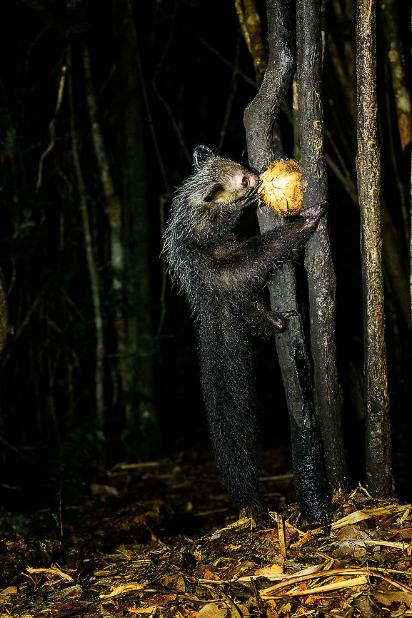 Aye-aye - 20, Palmarium, Madagascar Here it is, the Aye-Aye, the primate woodpecker, rodent, bat or &quot;heh heh&quot;, Malagasy for &quot;I don&#039;t know&quot;. <br />
<br />
&quot;I don&#039;t know&quot; is exactly the first thing that popped into my brain upon seeing it. My brain struggled to understand what it was seeing, despite having read about Aye-ayes at a basic level. It just doesn&#039;t register or fit into any boxes.<br />
<br />
My second thought was that if I would not know any better, I&#039;d go along with the local superstition that this is a demonic animal. <br />
<br />
Science didn&#039;t really know either in earlier times. This creature first was considered a rodent, based on its teeth that perpetually grow and thus must constantly be worn down. It took a long time for it to be considered a primate, and specifically a lemur.<br />
<br />
A very weird primate. Its ears are huge and have inner ridges similar to bats, optimized for echolocation, making this the only primate to use this.<br />
<br />
Echolocation comes into play when its taps its lengthy 3rd finger rapidly on tree tunks to locate insects/larvae inside. Next, it uses its strong teeth to gnawl a hole into the trunk. Finally, it uses its extremely lengthy 4th finger to rapidly pull out the contents, like a machine gun, using a special hooked nail.<br />
<br />
I had always imagined the Aye-aye to be kind of like a Koala: small, slow, and vulnerable. I was wrong at every level. It&#039;s pretty large, combined with the tail above 1m in length. It&#039;s very fast and escapes a scene in about 2 seconds. It&#039;s teeth and fingers are not careful or fragile tools, they&#039;re like power tools. <br />
<br />
The backstory: from Palmarium, on dry nights, you can take a boat to an uninhabited island. On the island live 6-8 Aye-ayes. They are typically in the canopy of a mangrove forest. Coconuts are strategically placed at a lower level to lure them down. Flash lights and camera flash are disallowed, yet when the lure action is succesful, a relatively weak area light shines on the feeding Aye-aye, which does not seem to disturb them.<br />
<br />
Photographing them is challenging due to the lack of flash and the light source being quite weak, but it can be done with some special measures.<br />
<br />
To Henriette and me, the Aye-aye was this year&#039;s trophy and a proper closure on 3 years of Madagascar, so I&#039;m going to be generous in sharing many shots of this fantastic animal. We&#039;re not done with the set though, not quite yet.<br />
<br />
<figure class="photo"><a href="https://www.jungledragon.com/image/87321/aye-aye_-_1_palmarium_madagascar.html" title="Aye-aye - 1, Palmarium, Madagascar"><img src="https://s3.amazonaws.com/media.jungledragon.com/images/2/87321_thumb.jpg?AWSAccessKeyId=05GMT0V3GWVNE7GGM1R2&Expires=1759968010&Signature=nhOQniCYsV6KeNBjW2uflKAxDUU%3D" width="200" height="130" alt="Aye-aye - 1, Palmarium, Madagascar Here it is, the Aye-Aye, the primate woodpecker, rodent, bat or &quot;heh heh&quot;, Malagasy for &quot;I don&#039;t know&quot;. <br />
<br />
&quot;I don&#039;t know&quot; is exactly the first thing that popped into my brain upon seeing it. My brain struggled to understand what it was seeing, despite having read about Aye-ayes at a basic level. It just doesn&#039;t register or fit into any boxes.<br />
<br />
My second thought was that if I would not know any better, I&#039;d go along with the local superstition that this is a demonic animal. <br />
<br />
Science didn&#039;t really know either in earlier times. This creature first was considered a rodent, based on its teeth that perpetually grow and thus must constantly be worn down. It took a long time for it to be considered a primate, and specifically a lemur.<br />
<br />
A very weird primate. Its ears are huge and have inner ridges similar to bats, optimized for echolocation, making this the only primate to use this.<br />
<br />
Echolocation comes into play when its taps its lengthy 3rd finger rapidly on tree tunks to locate insects/larvae inside. Next, it uses its strong teeth to gnawl a hole into the trunk. Finally, it uses its extremely lengthy 4th finger to rapidly pull out the contents, like a machine gun, using a special hooked nail.<br />
<br />
I had always imagined the Aye-aye to be kind of like a Koala: small, slow, and vulnerable. I was wrong at every level. It&#039;s pretty large, combined with the tail above 1m in length. It&#039;s very fast and escapes a scene in about 2 seconds. It&#039;s teeth and fingers are not careful or fragile tools, they&#039;re like power tools. <br />
<br />
The backstory: from Palmarium, on dry nights, you can take a boat to an uninhabited island. On the island live 6-8 Aye-ayes. They are typically in the canopy of a mangrove forest. Coconuts are strategically placed at a lower level to lure them down. Flash lights and camera flash are disallowed, yet when the lure action is succesful, a relatively weak area light shines on the feeding Aye-aye, which does not seem to disturb them.<br />
<br />
Photographing them is challenging due to the lack of flash and the light source being quite weak, but it can be done with some special measures.<br />
<br />
To Henriette and me, the Aye-aye was this year&#039;s trophy and a proper closure on 3 years of Madagascar, so I&#039;m going to be generous in sharing many shots of this fantastic animal. We&#039;re not done with the set though, not quite yet.<br />
<br />
https://www.jungledragon.com/image/87322/aye-aye_-_2_palmarium_madagascar.html<br />
https://www.jungledragon.com/image/87323/aye-aye_-_3_palmarium_madagascar.html<br />
https://www.jungledragon.com/image/87324/aye-aye_-_4_palmarium_madagascar.html<br />
https://www.jungledragon.com/image/87325/aye-aye_-_5_palmarium_madagascar.html<br />
https://www.jungledragon.com/image/87326/aye-aye_-_6_palmarium_madagascar.html<br />
https://www.jungledragon.com/image/87327/aye-aye_-_7_palmarium_madagascar.html<br />
https://www.jungledragon.com/image/87328/aye-aye_-_8_palmarium_madagascar.html<br />
https://www.jungledragon.com/image/87329/aye-aye_-_9_palmarium_madagascar.html<br />
https://www.jungledragon.com/image/87330/aye-aye_-_10_palmarium_madagascar.html<br />
https://www.jungledragon.com/image/87331/aye-aye_-_11_palmarium_madagascar.html<br />
https://www.jungledragon.com/image/87332/aye-aye_-_12_palmarium_madagascar.html<br />
https://www.jungledragon.com/image/87333/aye-aye_-_13_palmarium_madagascar.html<br />
https://www.jungledragon.com/image/87334/aye-aye_-_14_palmarium_madagascar.html<br />
https://www.jungledragon.com/image/87335/aye-aye_-_15_palmarium_madagascar.html<br />
https://www.jungledragon.com/image/87336/aye-aye_-_16_palmarium_madagascar.html<br />
https://www.jungledragon.com/image/87337/aye-aye_-_17_palmarium_madagascar.html<br />
https://www.jungledragon.com/image/87338/aye-aye_-_18_palmarium_madagascar.html<br />
https://www.jungledragon.com/image/87339/aye-aye_-_19_palmarium_madagascar.html<br />
https://www.jungledragon.com/image/87340/aye-aye_-_20_palmarium_madagascar.html<br />
<br />
https://www.youtube.com/watch?v=295rx5Dqsf4 Africa,Aye-aye,Daubentonia madagascariensis,Geotagged,Madagascar,Madagascar 2019,Palmarium reserve,Winter,World" /></a></figure><br />
<figure class="photo"><a href="https://www.jungledragon.com/image/87322/aye-aye_-_2_palmarium_madagascar.html" title="Aye-aye - 2, Palmarium, Madagascar"><img src="https://s3.amazonaws.com/media.jungledragon.com/images/2/87322_thumb.jpg?AWSAccessKeyId=05GMT0V3GWVNE7GGM1R2&Expires=1759968010&Signature=tdchN0giTzURzM3sOqke0I%2Fwusk%3D" width="144" height="152" alt="Aye-aye - 2, Palmarium, Madagascar Here it is, the Aye-Aye, the primate woodpecker, rodent, bat or &quot;heh heh&quot;, Malagasy for &quot;I don&#039;t know&quot;. <br />
<br />
&quot;I don&#039;t know&quot; is exactly the first thing that popped into my brain upon seeing it. My brain struggled to understand what it was seeing, despite having read about Aye-ayes at a basic level. It just doesn&#039;t register or fit into any boxes.<br />
<br />
My second thought was that if I would not know any better, I&#039;d go along with the local superstition that this is a demonic animal. <br />
<br />
Science didn&#039;t really know either in earlier times. This creature first was considered a rodent, based on its teeth that perpetually grow and thus must constantly be worn down. It took a long time for it to be considered a primate, and specifically a lemur.<br />
<br />
A very weird primate. Its ears are huge and have inner ridges similar to bats, optimized for echolocation, making this the only primate to use this.<br />
<br />
Echolocation comes into play when its taps its lengthy 3rd finger rapidly on tree tunks to locate insects/larvae inside. Next, it uses its strong teeth to gnawl a hole into the trunk. Finally, it uses its extremely lengthy 4th finger to rapidly pull out the contents, like a machine gun, using a special hooked nail.<br />
<br />
I had always imagined the Aye-aye to be kind of like a Koala: small, slow, and vulnerable. I was wrong at every level. It&#039;s pretty large, combined with the tail above 1m in length. It&#039;s very fast and escapes a scene in about 2 seconds. It&#039;s teeth and fingers are not careful or fragile tools, they&#039;re like power tools. <br />
<br />
The backstory: from Palmarium, on dry nights, you can take a boat to an uninhabited island. On the island live 6-8 Aye-ayes. They are typically in the canopy of a mangrove forest. Coconuts are strategically placed at a lower level to lure them down. Flash lights and camera flash are disallowed, yet when the lure action is succesful, a relatively weak area light shines on the feeding Aye-aye, which does not seem to disturb them.<br />
<br />
Photographing them is challenging due to the lack of flash and the light source being quite weak, but it can be done with some special measures.<br />
<br />
To Henriette and me, the Aye-aye was this year&#039;s trophy and a proper closure on 3 years of Madagascar, so I&#039;m going to be generous in sharing many shots of this fantastic animal. We&#039;re not done with the set though, not quite yet.<br />
<br />
https://www.jungledragon.com/image/87321/aye-aye_-_1_palmarium_madagascar.html<br />
https://www.jungledragon.com/image/87323/aye-aye_-_3_palmarium_madagascar.html<br />
https://www.jungledragon.com/image/87324/aye-aye_-_4_palmarium_madagascar.html<br />
https://www.jungledragon.com/image/87325/aye-aye_-_5_palmarium_madagascar.html<br />
https://www.jungledragon.com/image/87326/aye-aye_-_6_palmarium_madagascar.html<br />
https://www.jungledragon.com/image/87327/aye-aye_-_7_palmarium_madagascar.html<br />
https://www.jungledragon.com/image/87328/aye-aye_-_8_palmarium_madagascar.html<br />
https://www.jungledragon.com/image/87329/aye-aye_-_9_palmarium_madagascar.html<br />
https://www.jungledragon.com/image/87330/aye-aye_-_10_palmarium_madagascar.html<br />
https://www.jungledragon.com/image/87331/aye-aye_-_11_palmarium_madagascar.html<br />
https://www.jungledragon.com/image/87332/aye-aye_-_12_palmarium_madagascar.html<br />
https://www.jungledragon.com/image/87333/aye-aye_-_13_palmarium_madagascar.html<br />
https://www.jungledragon.com/image/87334/aye-aye_-_14_palmarium_madagascar.html<br />
https://www.jungledragon.com/image/87335/aye-aye_-_15_palmarium_madagascar.html<br />
https://www.jungledragon.com/image/87336/aye-aye_-_16_palmarium_madagascar.html<br />
https://www.jungledragon.com/image/87337/aye-aye_-_17_palmarium_madagascar.html<br />
https://www.jungledragon.com/image/87338/aye-aye_-_18_palmarium_madagascar.html<br />
https://www.jungledragon.com/image/87339/aye-aye_-_19_palmarium_madagascar.html<br />
https://www.jungledragon.com/image/87340/aye-aye_-_20_palmarium_madagascar.html<br />
<br />
https://www.youtube.com/watch?v=295rx5Dqsf4 Africa,Aye-aye,Daubentonia madagascariensis,Geotagged,Madagascar,Madagascar 2019,Palmarium reserve,Winter,World" /></a></figure><br />
<figure class="photo"><a href="https://www.jungledragon.com/image/87323/aye-aye_-_3_palmarium_madagascar.html" title="Aye-aye - 3, Palmarium, Madagascar"><img src="https://s3.amazonaws.com/media.jungledragon.com/images/2/87323_thumb.jpg?AWSAccessKeyId=05GMT0V3GWVNE7GGM1R2&Expires=1759968010&Signature=hV41abwIH%2FSx708i7wiWmnd%2F13U%3D" width="124" height="152" alt="Aye-aye - 3, Palmarium, Madagascar Here it is, the Aye-Aye, the primate woodpecker, rodent, bat or &quot;heh heh&quot;, Malagasy for &quot;I don&#039;t know&quot;. <br />
<br />
&quot;I don&#039;t know&quot; is exactly the first thing that popped into my brain upon seeing it. My brain struggled to understand what it was seeing, despite having read about Aye-ayes at a basic level. It just doesn&#039;t register or fit into any boxes.<br />
<br />
My second thought was that if I would not know any better, I&#039;d go along with the local superstition that this is a demonic animal. <br />
<br />
Science didn&#039;t really know either in earlier times. This creature first was considered a rodent, based on its teeth that perpetually grow and thus must constantly be worn down. It took a long time for it to be considered a primate, and specifically a lemur.<br />
<br />
A very weird primate. Its ears are huge and have inner ridges similar to bats, optimized for echolocation, making this the only primate to use this.<br />
<br />
Echolocation comes into play when its taps its lengthy 3rd finger rapidly on tree tunks to locate insects/larvae inside. Next, it uses its strong teeth to gnawl a hole into the trunk. Finally, it uses its extremely lengthy 4th finger to rapidly pull out the contents, like a machine gun, using a special hooked nail.<br />
<br />
I had always imagined the Aye-aye to be kind of like a Koala: small, slow, and vulnerable. I was wrong at every level. It&#039;s pretty large, combined with the tail above 1m in length. It&#039;s very fast and escapes a scene in about 2 seconds. It&#039;s teeth and fingers are not careful or fragile tools, they&#039;re like power tools. <br />
<br />
The backstory: from Palmarium, on dry nights, you can take a boat to an uninhabited island. On the island live 6-8 Aye-ayes. They are typically in the canopy of a mangrove forest. Coconuts are strategically placed at a lower level to lure them down. Flash lights and camera flash are disallowed, yet when the lure action is succesful, a relatively weak area light shines on the feeding Aye-aye, which does not seem to disturb them.<br />
<br />
Photographing them is challenging due to the lack of flash and the light source being quite weak, but it can be done with some special measures.<br />
<br />
To Henriette and me, the Aye-aye was this year&#039;s trophy and a proper closure on 3 years of Madagascar, so I&#039;m going to be generous in sharing many shots of this fantastic animal. We&#039;re not done with the set though, not quite yet.<br />
<br />
https://www.jungledragon.com/image/87321/aye-aye_-_1_palmarium_madagascar.html<br />
https://www.jungledragon.com/image/87322/aye-aye_-_2_palmarium_madagascar.html<br />
https://www.jungledragon.com/image/87324/aye-aye_-_4_palmarium_madagascar.html<br />
https://www.jungledragon.com/image/87325/aye-aye_-_5_palmarium_madagascar.html<br />
https://www.jungledragon.com/image/87326/aye-aye_-_6_palmarium_madagascar.html<br />
https://www.jungledragon.com/image/87327/aye-aye_-_7_palmarium_madagascar.html<br />
https://www.jungledragon.com/image/87328/aye-aye_-_8_palmarium_madagascar.html<br />
https://www.jungledragon.com/image/87329/aye-aye_-_9_palmarium_madagascar.html<br />
https://www.jungledragon.com/image/87330/aye-aye_-_10_palmarium_madagascar.html<br />
https://www.jungledragon.com/image/87331/aye-aye_-_11_palmarium_madagascar.html<br />
https://www.jungledragon.com/image/87332/aye-aye_-_12_palmarium_madagascar.html<br />
https://www.jungledragon.com/image/87333/aye-aye_-_13_palmarium_madagascar.html<br />
https://www.jungledragon.com/image/87334/aye-aye_-_14_palmarium_madagascar.html<br />
https://www.jungledragon.com/image/87335/aye-aye_-_15_palmarium_madagascar.html<br />
https://www.jungledragon.com/image/87336/aye-aye_-_16_palmarium_madagascar.html<br />
https://www.jungledragon.com/image/87337/aye-aye_-_17_palmarium_madagascar.html<br />
https://www.jungledragon.com/image/87338/aye-aye_-_18_palmarium_madagascar.html<br />
https://www.jungledragon.com/image/87339/aye-aye_-_19_palmarium_madagascar.html<br />
https://www.jungledragon.com/image/87340/aye-aye_-_20_palmarium_madagascar.html<br />
<br />
https://www.youtube.com/watch?v=295rx5Dqsf4 Africa,Aye-aye,Daubentonia madagascariensis,Madagascar,Madagascar 2019,Palmarium reserve,World" /></a></figure><br />
<figure class="photo"><a href="https://www.jungledragon.com/image/87324/aye-aye_-_4_palmarium_madagascar.html" title="Aye-aye - 4, Palmarium, Madagascar"><img src="https://s3.amazonaws.com/media.jungledragon.com/images/2/87324_thumb.jpg?AWSAccessKeyId=05GMT0V3GWVNE7GGM1R2&Expires=1759968010&Signature=v746jjk3Pnzaa8Nd6WXdcoYI5nk%3D" width="200" height="166" alt="Aye-aye - 4, Palmarium, Madagascar Here it is, the Aye-Aye, the primate woodpecker, rodent, bat or &quot;heh heh&quot;, Malagasy for &quot;I don&#039;t know&quot;. <br />
<br />
&quot;I don&#039;t know&quot; is exactly the first thing that popped into my brain upon seeing it. My brain struggled to understand what it was seeing, despite having read about Aye-ayes at a basic level. It just doesn&#039;t register or fit into any boxes.<br />
<br />
My second thought was that if I would not know any better, I&#039;d go along with the local superstition that this is a demonic animal. <br />
<br />
Science didn&#039;t really know either in earlier times. This creature first was considered a rodent, based on its teeth that perpetually grow and thus must constantly be worn down. It took a long time for it to be considered a primate, and specifically a lemur.<br />
<br />
A very weird primate. Its ears are huge and have inner ridges similar to bats, optimized for echolocation, making this the only primate to use this.<br />
<br />
Echolocation comes into play when its taps its lengthy 3rd finger rapidly on tree tunks to locate insects/larvae inside. Next, it uses its strong teeth to gnawl a hole into the trunk. Finally, it uses its extremely lengthy 4th finger to rapidly pull out the contents, like a machine gun, using a special hooked nail.<br />
<br />
I had always imagined the Aye-aye to be kind of like a Koala: small, slow, and vulnerable. I was wrong at every level. It&#039;s pretty large, combined with the tail above 1m in length. It&#039;s very fast and escapes a scene in about 2 seconds. It&#039;s teeth and fingers are not careful or fragile tools, they&#039;re like power tools. <br />
<br />
The backstory: from Palmarium, on dry nights, you can take a boat to an uninhabited island. On the island live 6-8 Aye-ayes. They are typically in the canopy of a mangrove forest. Coconuts are strategically placed at a lower level to lure them down. Flash lights and camera flash are disallowed, yet when the lure action is succesful, a relatively weak area light shines on the feeding Aye-aye, which does not seem to disturb them.<br />
<br />
Photographing them is challenging due to the lack of flash and the light source being quite weak, but it can be done with some special measures.<br />
<br />
To Henriette and me, the Aye-aye was this year&#039;s trophy and a proper closure on 3 years of Madagascar, so I&#039;m going to be generous in sharing many shots of this fantastic animal. We&#039;re not done with the set though, not quite yet.<br />
<br />
https://www.jungledragon.com/image/87321/aye-aye_-_1_palmarium_madagascar.html<br />
https://www.jungledragon.com/image/87322/aye-aye_-_2_palmarium_madagascar.html<br />
https://www.jungledragon.com/image/87323/aye-aye_-_3_palmarium_madagascar.html<br />
https://www.jungledragon.com/image/87325/aye-aye_-_5_palmarium_madagascar.html<br />
https://www.jungledragon.com/image/87326/aye-aye_-_6_palmarium_madagascar.html<br />
https://www.jungledragon.com/image/87327/aye-aye_-_7_palmarium_madagascar.html<br />
https://www.jungledragon.com/image/87328/aye-aye_-_8_palmarium_madagascar.html<br />
https://www.jungledragon.com/image/87329/aye-aye_-_9_palmarium_madagascar.html<br />
https://www.jungledragon.com/image/87330/aye-aye_-_10_palmarium_madagascar.html<br />
https://www.jungledragon.com/image/87331/aye-aye_-_11_palmarium_madagascar.html<br />
https://www.jungledragon.com/image/87332/aye-aye_-_12_palmarium_madagascar.html<br />
https://www.jungledragon.com/image/87333/aye-aye_-_13_palmarium_madagascar.html<br />
https://www.jungledragon.com/image/87334/aye-aye_-_14_palmarium_madagascar.html<br />
https://www.jungledragon.com/image/87335/aye-aye_-_15_palmarium_madagascar.html<br />
https://www.jungledragon.com/image/87336/aye-aye_-_16_palmarium_madagascar.html<br />
https://www.jungledragon.com/image/87337/aye-aye_-_17_palmarium_madagascar.html<br />
https://www.jungledragon.com/image/87338/aye-aye_-_18_palmarium_madagascar.html<br />
https://www.jungledragon.com/image/87339/aye-aye_-_19_palmarium_madagascar.html<br />
https://www.jungledragon.com/image/87340/aye-aye_-_20_palmarium_madagascar.html<br />
<br />
https://www.youtube.com/watch?v=295rx5Dqsf4 Africa,Aye-aye,Daubentonia madagascariensis,Geotagged,Madagascar,Madagascar 2019,Palmarium reserve,Winter,World" /></a></figure><br />
<figure class="photo"><a href="https://www.jungledragon.com/image/87325/aye-aye_-_5_palmarium_madagascar.html" title="Aye-aye - 5, Palmarium, Madagascar"><img src="https://s3.amazonaws.com/media.jungledragon.com/images/2/87325_thumb.jpg?AWSAccessKeyId=05GMT0V3GWVNE7GGM1R2&Expires=1759968010&Signature=xSOlrhdFfGsfFsGI%2BAZEUPRcY4U%3D" width="200" height="134" alt="Aye-aye - 5, Palmarium, Madagascar Here it is, the Aye-Aye, the primate woodpecker, rodent, bat or &quot;heh heh&quot;, Malagasy for &quot;I don&#039;t know&quot;. <br />
<br />
&quot;I don&#039;t know&quot; is exactly the first thing that popped into my brain upon seeing it. My brain struggled to understand what it was seeing, despite having read about Aye-ayes at a basic level. It just doesn&#039;t register or fit into any boxes.<br />
<br />
My second thought was that if I would not know any better, I&#039;d go along with the local superstition that this is a demonic animal. <br />
<br />
Science didn&#039;t really know either in earlier times. This creature first was considered a rodent, based on its teeth that perpetually grow and thus must constantly be worn down. It took a long time for it to be considered a primate, and specifically a lemur.<br />
<br />
A very weird primate. Its ears are huge and have inner ridges similar to bats, optimized for echolocation, making this the only primate to use this.<br />
<br />
Echolocation comes into play when its taps its lengthy 3rd finger rapidly on tree tunks to locate insects/larvae inside. Next, it uses its strong teeth to gnawl a hole into the trunk. Finally, it uses its extremely lengthy 4th finger to rapidly pull out the contents, like a machine gun, using a special hooked nail.<br />
<br />
I had always imagined the Aye-aye to be kind of like a Koala: small, slow, and vulnerable. I was wrong at every level. It&#039;s pretty large, combined with the tail above 1m in length. It&#039;s very fast and escapes a scene in about 2 seconds. It&#039;s teeth and fingers are not careful or fragile tools, they&#039;re like power tools. <br />
<br />
The backstory: from Palmarium, on dry nights, you can take a boat to an uninhabited island. On the island live 6-8 Aye-ayes. They are typically in the canopy of a mangrove forest. Coconuts are strategically placed at a lower level to lure them down. Flash lights and camera flash are disallowed, yet when the lure action is succesful, a relatively weak area light shines on the feeding Aye-aye, which does not seem to disturb them.<br />
<br />
Photographing them is challenging due to the lack of flash and the light source being quite weak, but it can be done with some special measures.<br />
<br />
To Henriette and me, the Aye-aye was this year&#039;s trophy and a proper closure on 3 years of Madagascar, so I&#039;m going to be generous in sharing many shots of this fantastic animal. We&#039;re not done with the set though, not quite yet.<br />
<br />
https://www.jungledragon.com/image/87321/aye-aye_-_1_palmarium_madagascar.html<br />
https://www.jungledragon.com/image/87322/aye-aye_-_2_palmarium_madagascar.html<br />
https://www.jungledragon.com/image/87323/aye-aye_-_3_palmarium_madagascar.html<br />
https://www.jungledragon.com/image/87324/aye-aye_-_4_palmarium_madagascar.html<br />
https://www.jungledragon.com/image/87326/aye-aye_-_6_palmarium_madagascar.html<br />
https://www.jungledragon.com/image/87327/aye-aye_-_7_palmarium_madagascar.html<br />
https://www.jungledragon.com/image/87328/aye-aye_-_8_palmarium_madagascar.html<br />
https://www.jungledragon.com/image/87329/aye-aye_-_9_palmarium_madagascar.html<br />
https://www.jungledragon.com/image/87330/aye-aye_-_10_palmarium_madagascar.html<br />
https://www.jungledragon.com/image/87331/aye-aye_-_11_palmarium_madagascar.html<br />
https://www.jungledragon.com/image/87332/aye-aye_-_12_palmarium_madagascar.html<br />
https://www.jungledragon.com/image/87333/aye-aye_-_13_palmarium_madagascar.html<br />
https://www.jungledragon.com/image/87334/aye-aye_-_14_palmarium_madagascar.html<br />
https://www.jungledragon.com/image/87335/aye-aye_-_15_palmarium_madagascar.html<br />
https://www.jungledragon.com/image/87336/aye-aye_-_16_palmarium_madagascar.html<br />
https://www.jungledragon.com/image/87337/aye-aye_-_17_palmarium_madagascar.html<br />
https://www.jungledragon.com/image/87338/aye-aye_-_18_palmarium_madagascar.html<br />
https://www.jungledragon.com/image/87339/aye-aye_-_19_palmarium_madagascar.html<br />
https://www.jungledragon.com/image/87340/aye-aye_-_20_palmarium_madagascar.html<br />
<br />
https://www.youtube.com/watch?v=295rx5Dqsf4 Africa,Aye-aye,Daubentonia madagascariensis,Geotagged,Madagascar,Madagascar 2019,Palmarium reserve,Winter,World" /></a></figure><br />
<figure class="photo"><a href="https://www.jungledragon.com/image/87326/aye-aye_-_6_palmarium_madagascar.html" title="Aye-aye - 6, Palmarium, Madagascar"><img src="https://s3.amazonaws.com/media.jungledragon.com/images/2/87326_thumb.jpg?AWSAccessKeyId=05GMT0V3GWVNE7GGM1R2&Expires=1759968010&Signature=YDQAk2kXddoFksPfeYansr9%2BKdQ%3D" width="102" height="152" alt="Aye-aye - 6, Palmarium, Madagascar Here it is, the Aye-Aye, the primate woodpecker, rodent, bat or &quot;heh heh&quot;, Malagasy for &quot;I don&#039;t know&quot;. <br />
<br />
&quot;I don&#039;t know&quot; is exactly the first thing that popped into my brain upon seeing it. My brain struggled to understand what it was seeing, despite having read about Aye-ayes at a basic level. It just doesn&#039;t register or fit into any boxes.<br />
<br />
My second thought was that if I would not know any better, I&#039;d go along with the local superstition that this is a demonic animal. <br />
<br />
Science didn&#039;t really know either in earlier times. This creature first was considered a rodent, based on its teeth that perpetually grow and thus must constantly be worn down. It took a long time for it to be considered a primate, and specifically a lemur.<br />
<br />
A very weird primate. Its ears are huge and have inner ridges similar to bats, optimized for echolocation, making this the only primate to use this.<br />
<br />
Echolocation comes into play when its taps its lengthy 3rd finger rapidly on tree tunks to locate insects/larvae inside. Next, it uses its strong teeth to gnawl a hole into the trunk. Finally, it uses its extremely lengthy 4th finger to rapidly pull out the contents, like a machine gun, using a special hooked nail.<br />
<br />
I had always imagined the Aye-aye to be kind of like a Koala: small, slow, and vulnerable. I was wrong at every level. It&#039;s pretty large, combined with the tail above 1m in length. It&#039;s very fast and escapes a scene in about 2 seconds. It&#039;s teeth and fingers are not careful or fragile tools, they&#039;re like power tools. <br />
<br />
The backstory: from Palmarium, on dry nights, you can take a boat to an uninhabited island. On the island live 6-8 Aye-ayes. They are typically in the canopy of a mangrove forest. Coconuts are strategically placed at a lower level to lure them down. Flash lights and camera flash are disallowed, yet when the lure action is succesful, a relatively weak area light shines on the feeding Aye-aye, which does not seem to disturb them.<br />
<br />
Photographing them is challenging due to the lack of flash and the light source being quite weak, but it can be done with some special measures.<br />
<br />
To Henriette and me, the Aye-aye was this year&#039;s trophy and a proper closure on 3 years of Madagascar, so I&#039;m going to be generous in sharing many shots of this fantastic animal. We&#039;re not done with the set though, not quite yet.<br />
<br />
https://www.jungledragon.com/image/87321/aye-aye_-_1_palmarium_madagascar.html<br />
https://www.jungledragon.com/image/87322/aye-aye_-_2_palmarium_madagascar.html<br />
https://www.jungledragon.com/image/87323/aye-aye_-_3_palmarium_madagascar.html<br />
https://www.jungledragon.com/image/87324/aye-aye_-_4_palmarium_madagascar.html<br />
https://www.jungledragon.com/image/87325/aye-aye_-_5_palmarium_madagascar.html<br />
https://www.jungledragon.com/image/87327/aye-aye_-_7_palmarium_madagascar.html<br />
https://www.jungledragon.com/image/87328/aye-aye_-_8_palmarium_madagascar.html<br />
https://www.jungledragon.com/image/87329/aye-aye_-_9_palmarium_madagascar.html<br />
https://www.jungledragon.com/image/87330/aye-aye_-_10_palmarium_madagascar.html<br />
https://www.jungledragon.com/image/87331/aye-aye_-_11_palmarium_madagascar.html<br />
https://www.jungledragon.com/image/87332/aye-aye_-_12_palmarium_madagascar.html<br />
https://www.jungledragon.com/image/87333/aye-aye_-_13_palmarium_madagascar.html<br />
https://www.jungledragon.com/image/87334/aye-aye_-_14_palmarium_madagascar.html<br />
https://www.jungledragon.com/image/87335/aye-aye_-_15_palmarium_madagascar.html<br />
https://www.jungledragon.com/image/87336/aye-aye_-_16_palmarium_madagascar.html<br />
https://www.jungledragon.com/image/87337/aye-aye_-_17_palmarium_madagascar.html<br />
https://www.jungledragon.com/image/87338/aye-aye_-_18_palmarium_madagascar.html<br />
https://www.jungledragon.com/image/87339/aye-aye_-_19_palmarium_madagascar.html<br />
https://www.jungledragon.com/image/87340/aye-aye_-_20_palmarium_madagascar.html<br />
<br />
https://www.youtube.com/watch?v=295rx5Dqsf4 Africa,Aye-aye,Daubentonia madagascariensis,Geotagged,Madagascar,Madagascar 2019,Palmarium reserve,Winter,World" /></a></figure><br />
<figure class="photo"><a href="https://www.jungledragon.com/image/87327/aye-aye_-_7_palmarium_madagascar.html" title="Aye-aye - 7, Palmarium, Madagascar"><img src="https://s3.amazonaws.com/media.jungledragon.com/images/2/87327_thumb.jpg?AWSAccessKeyId=05GMT0V3GWVNE7GGM1R2&Expires=1759968010&Signature=G4aqmP%2FQ9b9NePwKcWO2wjy4XIA%3D" width="200" height="170" alt="Aye-aye - 7, Palmarium, Madagascar Here it is, the Aye-Aye, the primate woodpecker, rodent, bat or &quot;heh heh&quot;, Malagasy for &quot;I don&#039;t know&quot;. <br />
<br />
&quot;I don&#039;t know&quot; is exactly the first thing that popped into my brain upon seeing it. My brain struggled to understand what it was seeing, despite having read about Aye-ayes at a basic level. It just doesn&#039;t register or fit into any boxes.<br />
<br />
My second thought was that if I would not know any better, I&#039;d go along with the local superstition that this is a demonic animal. <br />
<br />
Science didn&#039;t really know either in earlier times. This creature first was considered a rodent, based on its teeth that perpetually grow and thus must constantly be worn down. It took a long time for it to be considered a primate, and specifically a lemur.<br />
<br />
A very weird primate. Its ears are huge and have inner ridges similar to bats, optimized for echolocation, making this the only primate to use this.<br />
<br />
Echolocation comes into play when its taps its lengthy 3rd finger rapidly on tree tunks to locate insects/larvae inside. Next, it uses its strong teeth to gnawl a hole into the trunk. Finally, it uses its extremely lengthy 4th finger to rapidly pull out the contents, like a machine gun, using a special hooked nail.<br />
<br />
I had always imagined the Aye-aye to be kind of like a Koala: small, slow, and vulnerable. I was wrong at every level. It&#039;s pretty large, combined with the tail above 1m in length. It&#039;s very fast and escapes a scene in about 2 seconds. It&#039;s teeth and fingers are not careful or fragile tools, they&#039;re like power tools. <br />
<br />
The backstory: from Palmarium, on dry nights, you can take a boat to an uninhabited island. On the island live 6-8 Aye-ayes. They are typically in the canopy of a mangrove forest. Coconuts are strategically placed at a lower level to lure them down. Flash lights and camera flash are disallowed, yet when the lure action is succesful, a relatively weak area light shines on the feeding Aye-aye, which does not seem to disturb them.<br />
<br />
Photographing them is challenging due to the lack of flash and the light source being quite weak, but it can be done with some special measures.<br />
<br />
To Henriette and me, the Aye-aye was this year&#039;s trophy and a proper closure on 3 years of Madagascar, so I&#039;m going to be generous in sharing many shots of this fantastic animal. We&#039;re not done with the set though, not quite yet.<br />
<br />
https://www.jungledragon.com/image/87321/aye-aye_-_1_palmarium_madagascar.html<br />
https://www.jungledragon.com/image/87322/aye-aye_-_2_palmarium_madagascar.html<br />
https://www.jungledragon.com/image/87323/aye-aye_-_3_palmarium_madagascar.html<br />
https://www.jungledragon.com/image/87324/aye-aye_-_4_palmarium_madagascar.html<br />
https://www.jungledragon.com/image/87325/aye-aye_-_5_palmarium_madagascar.html<br />
https://www.jungledragon.com/image/87326/aye-aye_-_6_palmarium_madagascar.html<br />
https://www.jungledragon.com/image/87328/aye-aye_-_8_palmarium_madagascar.html<br />
https://www.jungledragon.com/image/87329/aye-aye_-_9_palmarium_madagascar.html<br />
https://www.jungledragon.com/image/87330/aye-aye_-_10_palmarium_madagascar.html<br />
https://www.jungledragon.com/image/87331/aye-aye_-_11_palmarium_madagascar.html<br />
https://www.jungledragon.com/image/87332/aye-aye_-_12_palmarium_madagascar.html<br />
https://www.jungledragon.com/image/87333/aye-aye_-_13_palmarium_madagascar.html<br />
https://www.jungledragon.com/image/87334/aye-aye_-_14_palmarium_madagascar.html<br />
https://www.jungledragon.com/image/87335/aye-aye_-_15_palmarium_madagascar.html<br />
https://www.jungledragon.com/image/87336/aye-aye_-_16_palmarium_madagascar.html<br />
https://www.jungledragon.com/image/87337/aye-aye_-_17_palmarium_madagascar.html<br />
https://www.jungledragon.com/image/87338/aye-aye_-_18_palmarium_madagascar.html<br />
https://www.jungledragon.com/image/87339/aye-aye_-_19_palmarium_madagascar.html<br />
https://www.jungledragon.com/image/87340/aye-aye_-_20_palmarium_madagascar.html<br />
<br />
https://www.youtube.com/watch?v=295rx5Dqsf4 Africa,Aye-aye,Daubentonia madagascariensis,Geotagged,Madagascar,Madagascar 2019,Palmarium reserve,Winter,World" /></a></figure><br />
<figure class="photo"><a href="https://www.jungledragon.com/image/87328/aye-aye_-_8_palmarium_madagascar.html" title="Aye-aye - 8, Palmarium, Madagascar"><img src="https://s3.amazonaws.com/media.jungledragon.com/images/2/87328_thumb.jpg?AWSAccessKeyId=05GMT0V3GWVNE7GGM1R2&Expires=1759968010&Signature=PIOvqGdLIN6z9iaXtsgVnS2awrY%3D" width="126" height="152" alt="Aye-aye - 8, Palmarium, Madagascar Here it is, the Aye-Aye, the primate woodpecker, rodent, bat or &quot;heh heh&quot;, Malagasy for &quot;I don&#039;t know&quot;. <br />
<br />
&quot;I don&#039;t know&quot; is exactly the first thing that popped into my brain upon seeing it. My brain struggled to understand what it was seeing, despite having read about Aye-ayes at a basic level. It just doesn&#039;t register or fit into any boxes.<br />
<br />
My second thought was that if I would not know any better, I&#039;d go along with the local superstition that this is a demonic animal. <br />
<br />
Science didn&#039;t really know either in earlier times. This creature first was considered a rodent, based on its teeth that perpetually grow and thus must constantly be worn down. It took a long time for it to be considered a primate, and specifically a lemur.<br />
<br />
A very weird primate. Its ears are huge and have inner ridges similar to bats, optimized for echolocation, making this the only primate to use this.<br />
<br />
Echolocation comes into play when its taps its lengthy 3rd finger rapidly on tree tunks to locate insects/larvae inside. Next, it uses its strong teeth to gnawl a hole into the trunk. Finally, it uses its extremely lengthy 4th finger to rapidly pull out the contents, like a machine gun, using a special hooked nail.<br />
<br />
I had always imagined the Aye-aye to be kind of like a Koala: small, slow, and vulnerable. I was wrong at every level. It&#039;s pretty large, combined with the tail above 1m in length. It&#039;s very fast and escapes a scene in about 2 seconds. It&#039;s teeth and fingers are not careful or fragile tools, they&#039;re like power tools. <br />
<br />
The backstory: from Palmarium, on dry nights, you can take a boat to an uninhabited island. On the island live 6-8 Aye-ayes. They are typically in the canopy of a mangrove forest. Coconuts are strategically placed at a lower level to lure them down. Flash lights and camera flash are disallowed, yet when the lure action is succesful, a relatively weak area light shines on the feeding Aye-aye, which does not seem to disturb them.<br />
<br />
Photographing them is challenging due to the lack of flash and the light source being quite weak, but it can be done with some special measures.<br />
<br />
To Henriette and me, the Aye-aye was this year&#039;s trophy and a proper closure on 3 years of Madagascar, so I&#039;m going to be generous in sharing many shots of this fantastic animal. We&#039;re not done with the set though, not quite yet.<br />
<br />
https://www.jungledragon.com/image/87321/aye-aye_-_1_palmarium_madagascar.html<br />
https://www.jungledragon.com/image/87322/aye-aye_-_2_palmarium_madagascar.html<br />
https://www.jungledragon.com/image/87323/aye-aye_-_3_palmarium_madagascar.html<br />
https://www.jungledragon.com/image/87324/aye-aye_-_4_palmarium_madagascar.html<br />
https://www.jungledragon.com/image/87325/aye-aye_-_5_palmarium_madagascar.html<br />
https://www.jungledragon.com/image/87326/aye-aye_-_6_palmarium_madagascar.html<br />
https://www.jungledragon.com/image/87327/aye-aye_-_7_palmarium_madagascar.html<br />
https://www.jungledragon.com/image/87329/aye-aye_-_9_palmarium_madagascar.html<br />
https://www.jungledragon.com/image/87330/aye-aye_-_10_palmarium_madagascar.html<br />
https://www.jungledragon.com/image/87331/aye-aye_-_11_palmarium_madagascar.html<br />
https://www.jungledragon.com/image/87332/aye-aye_-_12_palmarium_madagascar.html<br />
https://www.jungledragon.com/image/87333/aye-aye_-_13_palmarium_madagascar.html<br />
https://www.jungledragon.com/image/87334/aye-aye_-_14_palmarium_madagascar.html<br />
https://www.jungledragon.com/image/87335/aye-aye_-_15_palmarium_madagascar.html<br />
https://www.jungledragon.com/image/87336/aye-aye_-_16_palmarium_madagascar.html<br />
https://www.jungledragon.com/image/87337/aye-aye_-_17_palmarium_madagascar.html<br />
https://www.jungledragon.com/image/87338/aye-aye_-_18_palmarium_madagascar.html<br />
https://www.jungledragon.com/image/87339/aye-aye_-_19_palmarium_madagascar.html<br />
https://www.jungledragon.com/image/87340/aye-aye_-_20_palmarium_madagascar.html<br />
<br />
https://www.youtube.com/watch?v=295rx5Dqsf4 Africa,Aye-aye,Daubentonia madagascariensis,Geotagged,Madagascar,Madagascar 2019,Palmarium reserve,Winter,World" /></a></figure><br />
<figure class="photo"><a href="https://www.jungledragon.com/image/87329/aye-aye_-_9_palmarium_madagascar.html" title="Aye-aye - 9, Palmarium, Madagascar"><img src="https://s3.amazonaws.com/media.jungledragon.com/images/2/87329_thumb.jpg?AWSAccessKeyId=05GMT0V3GWVNE7GGM1R2&Expires=1759968010&Signature=nYcVlSmLXPiWzkkjD7D4bUZ6Zms%3D" width="200" height="172" alt="Aye-aye - 9, Palmarium, Madagascar Here it is, the Aye-Aye, the primate woodpecker, rodent, bat or &quot;heh heh&quot;, Malagasy for &quot;I don&#039;t know&quot;. <br />
<br />
&quot;I don&#039;t know&quot; is exactly the first thing that popped into my brain upon seeing it. My brain struggled to understand what it was seeing, despite having read about Aye-ayes at a basic level. It just doesn&#039;t register or fit into any boxes.<br />
<br />
My second thought was that if I would not know any better, I&#039;d go along with the local superstition that this is a demonic animal. <br />
<br />
Science didn&#039;t really know either in earlier times. This creature first was considered a rodent, based on its teeth that perpetually grow and thus must constantly be worn down. It took a long time for it to be considered a primate, and specifically a lemur.<br />
<br />
A very weird primate. Its ears are huge and have inner ridges similar to bats, optimized for echolocation, making this the only primate to use this.<br />
<br />
Echolocation comes into play when its taps its lengthy 3rd finger rapidly on tree tunks to locate insects/larvae inside. Next, it uses its strong teeth to gnawl a hole into the trunk. Finally, it uses its extremely lengthy 4th finger to rapidly pull out the contents, like a machine gun, using a special hooked nail.<br />
<br />
I had always imagined the Aye-aye to be kind of like a Koala: small, slow, and vulnerable. I was wrong at every level. It&#039;s pretty large, combined with the tail above 1m in length. It&#039;s very fast and escapes a scene in about 2 seconds. It&#039;s teeth and fingers are not careful or fragile tools, they&#039;re like power tools. <br />
<br />
The backstory: from Palmarium, on dry nights, you can take a boat to an uninhabited island. On the island live 6-8 Aye-ayes. They are typically in the canopy of a mangrove forest. Coconuts are strategically placed at a lower level to lure them down. Flash lights and camera flash are disallowed, yet when the lure action is succesful, a relatively weak area light shines on the feeding Aye-aye, which does not seem to disturb them.<br />
<br />
Photographing them is challenging due to the lack of flash and the light source being quite weak, but it can be done with some special measures.<br />
<br />
To Henriette and me, the Aye-aye was this year&#039;s trophy and a proper closure on 3 years of Madagascar, so I&#039;m going to be generous in sharing many shots of this fantastic animal. We&#039;re not done with the set though, not quite yet.<br />
<br />
https://www.jungledragon.com/image/87321/aye-aye_-_1_palmarium_madagascar.html<br />
https://www.jungledragon.com/image/87322/aye-aye_-_2_palmarium_madagascar.html<br />
https://www.jungledragon.com/image/87323/aye-aye_-_3_palmarium_madagascar.html<br />
https://www.jungledragon.com/image/87324/aye-aye_-_4_palmarium_madagascar.html<br />
https://www.jungledragon.com/image/87325/aye-aye_-_5_palmarium_madagascar.html<br />
https://www.jungledragon.com/image/87326/aye-aye_-_6_palmarium_madagascar.html<br />
https://www.jungledragon.com/image/87327/aye-aye_-_7_palmarium_madagascar.html<br />
https://www.jungledragon.com/image/87328/aye-aye_-_8_palmarium_madagascar.html<br />
https://www.jungledragon.com/image/87330/aye-aye_-_10_palmarium_madagascar.html<br />
https://www.jungledragon.com/image/87331/aye-aye_-_11_palmarium_madagascar.html<br />
https://www.jungledragon.com/image/87332/aye-aye_-_12_palmarium_madagascar.html<br />
https://www.jungledragon.com/image/87333/aye-aye_-_13_palmarium_madagascar.html<br />
https://www.jungledragon.com/image/87334/aye-aye_-_14_palmarium_madagascar.html<br />
https://www.jungledragon.com/image/87335/aye-aye_-_15_palmarium_madagascar.html<br />
https://www.jungledragon.com/image/87336/aye-aye_-_16_palmarium_madagascar.html<br />
https://www.jungledragon.com/image/87337/aye-aye_-_17_palmarium_madagascar.html<br />
https://www.jungledragon.com/image/87338/aye-aye_-_18_palmarium_madagascar.html<br />
https://www.jungledragon.com/image/87339/aye-aye_-_19_palmarium_madagascar.html<br />
https://www.jungledragon.com/image/87340/aye-aye_-_20_palmarium_madagascar.html<br />
<br />
https://www.youtube.com/watch?v=295rx5Dqsf4 Africa,Aye-aye,Daubentonia madagascariensis,Geotagged,Madagascar,Madagascar 2019,Palmarium reserve,Winter,World" /></a></figure><br />
<figure class="photo"><a href="https://www.jungledragon.com/image/87330/aye-aye_-_10_palmarium_madagascar.html" title="Aye-aye - 10, Palmarium, Madagascar"><img src="https://s3.amazonaws.com/media.jungledragon.com/images/2/87330_thumb.jpg?AWSAccessKeyId=05GMT0V3GWVNE7GGM1R2&Expires=1759968010&Signature=6FslhQmWEdZ3R2aIA5Lqlgv28xw%3D" width="200" height="114" alt="Aye-aye - 10, Palmarium, Madagascar Here it is, the Aye-Aye, the primate woodpecker, rodent, bat or &quot;heh heh&quot;, Malagasy for &quot;I don&#039;t know&quot;. <br />
<br />
&quot;I don&#039;t know&quot; is exactly the first thing that popped into my brain upon seeing it. My brain struggled to understand what it was seeing, despite having read about Aye-ayes at a basic level. It just doesn&#039;t register or fit into any boxes.<br />
<br />
My second thought was that if I would not know any better, I&#039;d go along with the local superstition that this is a demonic animal. <br />
<br />
Science didn&#039;t really know either in earlier times. This creature first was considered a rodent, based on its teeth that perpetually grow and thus must constantly be worn down. It took a long time for it to be considered a primate, and specifically a lemur.<br />
<br />
A very weird primate. Its ears are huge and have inner ridges similar to bats, optimized for echolocation, making this the only primate to use this.<br />
<br />
Echolocation comes into play when its taps its lengthy 3rd finger rapidly on tree tunks to locate insects/larvae inside. Next, it uses its strong teeth to gnawl a hole into the trunk. Finally, it uses its extremely lengthy 4th finger to rapidly pull out the contents, like a machine gun, using a special hooked nail.<br />
<br />
I had always imagined the Aye-aye to be kind of like a Koala: small, slow, and vulnerable. I was wrong at every level. It&#039;s pretty large, combined with the tail above 1m in length. It&#039;s very fast and escapes a scene in about 2 seconds. It&#039;s teeth and fingers are not careful or fragile tools, they&#039;re like power tools. <br />
<br />
The backstory: from Palmarium, on dry nights, you can take a boat to an uninhabited island. On the island live 6-8 Aye-ayes. They are typically in the canopy of a mangrove forest. Coconuts are strategically placed at a lower level to lure them down. Flash lights and camera flash are disallowed, yet when the lure action is succesful, a relatively weak area light shines on the feeding Aye-aye, which does not seem to disturb them.<br />
<br />
Photographing them is challenging due to the lack of flash and the light source being quite weak, but it can be done with some special measures.<br />
<br />
To Henriette and me, the Aye-aye was this year&#039;s trophy and a proper closure on 3 years of Madagascar, so I&#039;m going to be generous in sharing many shots of this fantastic animal. We&#039;re not done with the set though, not quite yet.<br />
<br />
https://www.jungledragon.com/image/87321/aye-aye_-_1_palmarium_madagascar.html<br />
https://www.jungledragon.com/image/87322/aye-aye_-_2_palmarium_madagascar.html<br />
https://www.jungledragon.com/image/87323/aye-aye_-_3_palmarium_madagascar.html<br />
https://www.jungledragon.com/image/87324/aye-aye_-_4_palmarium_madagascar.html<br />
https://www.jungledragon.com/image/87325/aye-aye_-_5_palmarium_madagascar.html<br />
https://www.jungledragon.com/image/87326/aye-aye_-_6_palmarium_madagascar.html<br />
https://www.jungledragon.com/image/87327/aye-aye_-_7_palmarium_madagascar.html<br />
https://www.jungledragon.com/image/87328/aye-aye_-_8_palmarium_madagascar.html<br />
https://www.jungledragon.com/image/87329/aye-aye_-_9_palmarium_madagascar.html<br />
https://www.jungledragon.com/image/87331/aye-aye_-_11_palmarium_madagascar.html<br />
https://www.jungledragon.com/image/87332/aye-aye_-_12_palmarium_madagascar.html<br />
https://www.jungledragon.com/image/87333/aye-aye_-_13_palmarium_madagascar.html<br />
https://www.jungledragon.com/image/87334/aye-aye_-_14_palmarium_madagascar.html<br />
https://www.jungledragon.com/image/87335/aye-aye_-_15_palmarium_madagascar.html<br />
https://www.jungledragon.com/image/87336/aye-aye_-_16_palmarium_madagascar.html<br />
https://www.jungledragon.com/image/87337/aye-aye_-_17_palmarium_madagascar.html<br />
https://www.jungledragon.com/image/87338/aye-aye_-_18_palmarium_madagascar.html<br />
https://www.jungledragon.com/image/87339/aye-aye_-_19_palmarium_madagascar.html<br />
https://www.jungledragon.com/image/87340/aye-aye_-_20_palmarium_madagascar.html<br />
<br />
https://www.youtube.com/watch?v=295rx5Dqsf4 Africa,Aye-aye,Daubentonia madagascariensis,Geotagged,Madagascar,Madagascar 2019,Palmarium reserve,Winter,World" /></a></figure><br />
<figure class="photo"><a href="https://www.jungledragon.com/image/87331/aye-aye_-_11_palmarium_madagascar.html" title="Aye-aye - 11, Palmarium, Madagascar"><img src="https://s3.amazonaws.com/media.jungledragon.com/images/2/87331_thumb.jpg?AWSAccessKeyId=05GMT0V3GWVNE7GGM1R2&Expires=1759968010&Signature=ALgIC0aBH%2B6kAZ7EPCcCyhxrxNk%3D" width="152" height="152" alt="Aye-aye - 11, Palmarium, Madagascar Here it is, the Aye-Aye, the primate woodpecker, rodent, bat or &quot;heh heh&quot;, Malagasy for &quot;I don&#039;t know&quot;. <br />
<br />
&quot;I don&#039;t know&quot; is exactly the first thing that popped into my brain upon seeing it. My brain struggled to understand what it was seeing, despite having read about Aye-ayes at a basic level. It just doesn&#039;t register or fit into any boxes.<br />
<br />
My second thought was that if I would not know any better, I&#039;d go along with the local superstition that this is a demonic animal. <br />
<br />
Science didn&#039;t really know either in earlier times. This creature first was considered a rodent, based on its teeth that perpetually grow and thus must constantly be worn down. It took a long time for it to be considered a primate, and specifically a lemur.<br />
<br />
A very weird primate. Its ears are huge and have inner ridges similar to bats, optimized for echolocation, making this the only primate to use this.<br />
<br />
Echolocation comes into play when its taps its lengthy 3rd finger rapidly on tree tunks to locate insects/larvae inside. Next, it uses its strong teeth to gnawl a hole into the trunk. Finally, it uses its extremely lengthy 4th finger to rapidly pull out the contents, like a machine gun, using a special hooked nail.<br />
<br />
I had always imagined the Aye-aye to be kind of like a Koala: small, slow, and vulnerable. I was wrong at every level. It&#039;s pretty large, combined with the tail above 1m in length. It&#039;s very fast and escapes a scene in about 2 seconds. It&#039;s teeth and fingers are not careful or fragile tools, they&#039;re like power tools. <br />
<br />
The backstory: from Palmarium, on dry nights, you can take a boat to an uninhabited island. On the island live 6-8 Aye-ayes. They are typically in the canopy of a mangrove forest. Coconuts are strategically placed at a lower level to lure them down. Flash lights and camera flash are disallowed, yet when the lure action is succesful, a relatively weak area light shines on the feeding Aye-aye, which does not seem to disturb them.<br />
<br />
Photographing them is challenging due to the lack of flash and the light source being quite weak, but it can be done with some special measures.<br />
<br />
To Henriette and me, the Aye-aye was this year&#039;s trophy and a proper closure on 3 years of Madagascar, so I&#039;m going to be generous in sharing many shots of this fantastic animal. We&#039;re not done with the set though, not quite yet.<br />
<br />
https://www.jungledragon.com/image/87321/aye-aye_-_1_palmarium_madagascar.html<br />
https://www.jungledragon.com/image/87322/aye-aye_-_2_palmarium_madagascar.html<br />
https://www.jungledragon.com/image/87323/aye-aye_-_3_palmarium_madagascar.html<br />
https://www.jungledragon.com/image/87324/aye-aye_-_4_palmarium_madagascar.html<br />
https://www.jungledragon.com/image/87325/aye-aye_-_5_palmarium_madagascar.html<br />
https://www.jungledragon.com/image/87326/aye-aye_-_6_palmarium_madagascar.html<br />
https://www.jungledragon.com/image/87327/aye-aye_-_7_palmarium_madagascar.html<br />
https://www.jungledragon.com/image/87328/aye-aye_-_8_palmarium_madagascar.html<br />
https://www.jungledragon.com/image/87329/aye-aye_-_9_palmarium_madagascar.html<br />
https://www.jungledragon.com/image/87330/aye-aye_-_10_palmarium_madagascar.html<br />
https://www.jungledragon.com/image/87332/aye-aye_-_12_palmarium_madagascar.html<br />
https://www.jungledragon.com/image/87333/aye-aye_-_13_palmarium_madagascar.html<br />
https://www.jungledragon.com/image/87334/aye-aye_-_14_palmarium_madagascar.html<br />
https://www.jungledragon.com/image/87335/aye-aye_-_15_palmarium_madagascar.html<br />
https://www.jungledragon.com/image/87336/aye-aye_-_16_palmarium_madagascar.html<br />
https://www.jungledragon.com/image/87337/aye-aye_-_17_palmarium_madagascar.html<br />
https://www.jungledragon.com/image/87338/aye-aye_-_18_palmarium_madagascar.html<br />
https://www.jungledragon.com/image/87339/aye-aye_-_19_palmarium_madagascar.html<br />
https://www.jungledragon.com/image/87340/aye-aye_-_20_palmarium_madagascar.html<br />
<br />
https://www.youtube.com/watch?v=295rx5Dqsf4 Africa,Aye-aye,Daubentonia madagascariensis,Geotagged,Madagascar,Madagascar 2019,Palmarium reserve,Winter,World" /></a></figure><br />
<figure class="photo"><a href="https://www.jungledragon.com/image/87332/aye-aye_-_12_palmarium_madagascar.html" title="Aye-aye - 12, Palmarium, Madagascar"><img src="https://s3.amazonaws.com/media.jungledragon.com/images/2/87332_thumb.jpg?AWSAccessKeyId=05GMT0V3GWVNE7GGM1R2&Expires=1759968010&Signature=OQ38QMEUOErV0S5DXQZUeUWiiTU%3D" width="200" height="168" alt="Aye-aye - 12, Palmarium, Madagascar Here it is, the Aye-Aye, the primate woodpecker, rodent, bat or &quot;heh heh&quot;, Malagasy for &quot;I don&#039;t know&quot;. <br />
<br />
&quot;I don&#039;t know&quot; is exactly the first thing that popped into my brain upon seeing it. My brain struggled to understand what it was seeing, despite having read about Aye-ayes at a basic level. It just doesn&#039;t register or fit into any boxes.<br />
<br />
My second thought was that if I would not know any better, I&#039;d go along with the local superstition that this is a demonic animal. <br />
<br />
Science didn&#039;t really know either in earlier times. This creature first was considered a rodent, based on its teeth that perpetually grow and thus must constantly be worn down. It took a long time for it to be considered a primate, and specifically a lemur.<br />
<br />
A very weird primate. Its ears are huge and have inner ridges similar to bats, optimized for echolocation, making this the only primate to use this.<br />
<br />
Echolocation comes into play when its taps its lengthy 3rd finger rapidly on tree tunks to locate insects/larvae inside. Next, it uses its strong teeth to gnawl a hole into the trunk. Finally, it uses its extremely lengthy 4th finger to rapidly pull out the contents, like a machine gun, using a special hooked nail.<br />
<br />
I had always imagined the Aye-aye to be kind of like a Koala: small, slow, and vulnerable. I was wrong at every level. It&#039;s pretty large, combined with the tail above 1m in length. It&#039;s very fast and escapes a scene in about 2 seconds. It&#039;s teeth and fingers are not careful or fragile tools, they&#039;re like power tools. <br />
<br />
The backstory: from Palmarium, on dry nights, you can take a boat to an uninhabited island. On the island live 6-8 Aye-ayes. They are typically in the canopy of a mangrove forest. Coconuts are strategically placed at a lower level to lure them down. Flash lights and camera flash are disallowed, yet when the lure action is succesful, a relatively weak area light shines on the feeding Aye-aye, which does not seem to disturb them.<br />
<br />
Photographing them is challenging due to the lack of flash and the light source being quite weak, but it can be done with some special measures.<br />
<br />
To Henriette and me, the Aye-aye was this year&#039;s trophy and a proper closure on 3 years of Madagascar, so I&#039;m going to be generous in sharing many shots of this fantastic animal. We&#039;re not done with the set though, not quite yet.<br />
<br />
https://www.jungledragon.com/image/87321/aye-aye_-_1_palmarium_madagascar.html<br />
https://www.jungledragon.com/image/87322/aye-aye_-_2_palmarium_madagascar.html<br />
https://www.jungledragon.com/image/87323/aye-aye_-_3_palmarium_madagascar.html<br />
https://www.jungledragon.com/image/87324/aye-aye_-_4_palmarium_madagascar.html<br />
https://www.jungledragon.com/image/87325/aye-aye_-_5_palmarium_madagascar.html<br />
https://www.jungledragon.com/image/87326/aye-aye_-_6_palmarium_madagascar.html<br />
https://www.jungledragon.com/image/87327/aye-aye_-_7_palmarium_madagascar.html<br />
https://www.jungledragon.com/image/87328/aye-aye_-_8_palmarium_madagascar.html<br />
https://www.jungledragon.com/image/87329/aye-aye_-_9_palmarium_madagascar.html<br />
https://www.jungledragon.com/image/87330/aye-aye_-_10_palmarium_madagascar.html<br />
https://www.jungledragon.com/image/87331/aye-aye_-_11_palmarium_madagascar.html<br />
https://www.jungledragon.com/image/87333/aye-aye_-_13_palmarium_madagascar.html<br />
https://www.jungledragon.com/image/87334/aye-aye_-_14_palmarium_madagascar.html<br />
https://www.jungledragon.com/image/87335/aye-aye_-_15_palmarium_madagascar.html<br />
https://www.jungledragon.com/image/87336/aye-aye_-_16_palmarium_madagascar.html<br />
https://www.jungledragon.com/image/87337/aye-aye_-_17_palmarium_madagascar.html<br />
https://www.jungledragon.com/image/87338/aye-aye_-_18_palmarium_madagascar.html<br />
https://www.jungledragon.com/image/87339/aye-aye_-_19_palmarium_madagascar.html<br />
https://www.jungledragon.com/image/87340/aye-aye_-_20_palmarium_madagascar.html<br />
<br />
https://www.youtube.com/watch?v=295rx5Dqsf4 Africa,Aye-aye,Daubentonia madagascariensis,Geotagged,Madagascar,Madagascar 2019,Palmarium reserve,Winter,World" /></a></figure><br />
<figure class="photo"><a href="https://www.jungledragon.com/image/87333/aye-aye_-_13_palmarium_madagascar.html" title="Aye-aye - 13, Palmarium, Madagascar"><img src="https://s3.amazonaws.com/media.jungledragon.com/images/2/87333_thumb.jpg?AWSAccessKeyId=05GMT0V3GWVNE7GGM1R2&Expires=1759968010&Signature=OPdUGHeqw9O4qLY7d7TCPYLA5KE%3D" width="200" height="134" alt="Aye-aye - 13, Palmarium, Madagascar Here it is, the Aye-Aye, the primate woodpecker, rodent, bat or &quot;heh heh&quot;, Malagasy for &quot;I don&#039;t know&quot;. <br />
<br />
&quot;I don&#039;t know&quot; is exactly the first thing that popped into my brain upon seeing it. My brain struggled to understand what it was seeing, despite having read about Aye-ayes at a basic level. It just doesn&#039;t register or fit into any boxes.<br />
<br />
My second thought was that if I would not know any better, I&#039;d go along with the local superstition that this is a demonic animal. <br />
<br />
Science didn&#039;t really know either in earlier times. This creature first was considered a rodent, based on its teeth that perpetually grow and thus must constantly be worn down. It took a long time for it to be considered a primate, and specifically a lemur.<br />
<br />
A very weird primate. Its ears are huge and have inner ridges similar to bats, optimized for echolocation, making this the only primate to use this.<br />
<br />
Echolocation comes into play when its taps its lengthy 3rd finger rapidly on tree tunks to locate insects/larvae inside. Next, it uses its strong teeth to gnawl a hole into the trunk. Finally, it uses its extremely lengthy 4th finger to rapidly pull out the contents, like a machine gun, using a special hooked nail.<br />
<br />
I had always imagined the Aye-aye to be kind of like a Koala: small, slow, and vulnerable. I was wrong at every level. It&#039;s pretty large, combined with the tail above 1m in length. It&#039;s very fast and escapes a scene in about 2 seconds. It&#039;s teeth and fingers are not careful or fragile tools, they&#039;re like power tools. <br />
<br />
The backstory: from Palmarium, on dry nights, you can take a boat to an uninhabited island. On the island live 6-8 Aye-ayes. They are typically in the canopy of a mangrove forest. Coconuts are strategically placed at a lower level to lure them down. Flash lights and camera flash are disallowed, yet when the lure action is succesful, a relatively weak area light shines on the feeding Aye-aye, which does not seem to disturb them.<br />
<br />
Photographing them is challenging due to the lack of flash and the light source being quite weak, but it can be done with some special measures.<br />
<br />
To Henriette and me, the Aye-aye was this year&#039;s trophy and a proper closure on 3 years of Madagascar, so I&#039;m going to be generous in sharing many shots of this fantastic animal. We&#039;re not done with the set though, not quite yet.<br />
<br />
https://www.jungledragon.com/image/87321/aye-aye_-_1_palmarium_madagascar.html<br />
https://www.jungledragon.com/image/87322/aye-aye_-_2_palmarium_madagascar.html<br />
https://www.jungledragon.com/image/87323/aye-aye_-_3_palmarium_madagascar.html<br />
https://www.jungledragon.com/image/87324/aye-aye_-_4_palmarium_madagascar.html<br />
https://www.jungledragon.com/image/87325/aye-aye_-_5_palmarium_madagascar.html<br />
https://www.jungledragon.com/image/87326/aye-aye_-_6_palmarium_madagascar.html<br />
https://www.jungledragon.com/image/87327/aye-aye_-_7_palmarium_madagascar.html<br />
https://www.jungledragon.com/image/87328/aye-aye_-_8_palmarium_madagascar.html<br />
https://www.jungledragon.com/image/87329/aye-aye_-_9_palmarium_madagascar.html<br />
https://www.jungledragon.com/image/87330/aye-aye_-_10_palmarium_madagascar.html<br />
https://www.jungledragon.com/image/87331/aye-aye_-_11_palmarium_madagascar.html<br />
https://www.jungledragon.com/image/87332/aye-aye_-_12_palmarium_madagascar.html<br />
https://www.jungledragon.com/image/87334/aye-aye_-_14_palmarium_madagascar.html<br />
https://www.jungledragon.com/image/87335/aye-aye_-_15_palmarium_madagascar.html<br />
https://www.jungledragon.com/image/87336/aye-aye_-_16_palmarium_madagascar.html<br />
https://www.jungledragon.com/image/87337/aye-aye_-_17_palmarium_madagascar.html<br />
https://www.jungledragon.com/image/87338/aye-aye_-_18_palmarium_madagascar.html<br />
https://www.jungledragon.com/image/87339/aye-aye_-_19_palmarium_madagascar.html<br />
https://www.jungledragon.com/image/87340/aye-aye_-_20_palmarium_madagascar.html<br />
<br />
https://www.youtube.com/watch?v=295rx5Dqsf4 Africa,Aye-aye,Daubentonia madagascariensis,Geotagged,Madagascar,Madagascar 2019,Palmarium reserve,Winter,World" /></a></figure><br />
<figure class="photo"><a href="https://www.jungledragon.com/image/87334/aye-aye_-_14_palmarium_madagascar.html" title="Aye-aye - 14, Palmarium, Madagascar"><img src="https://s3.amazonaws.com/media.jungledragon.com/images/2/87334_thumb.jpg?AWSAccessKeyId=05GMT0V3GWVNE7GGM1R2&Expires=1759968010&Signature=EMvLlWyJH1cokwOFQ7JaR0lvSvI%3D" width="150" height="152" alt="Aye-aye - 14, Palmarium, Madagascar Here it is, the Aye-Aye, the primate woodpecker, rodent, bat or &quot;heh heh&quot;, Malagasy for &quot;I don&#039;t know&quot;. <br />
<br />
&quot;I don&#039;t know&quot; is exactly the first thing that popped into my brain upon seeing it. My brain struggled to understand what it was seeing, despite having read about Aye-ayes at a basic level. It just doesn&#039;t register or fit into any boxes.<br />
<br />
My second thought was that if I would not know any better, I&#039;d go along with the local superstition that this is a demonic animal. <br />
<br />
Science didn&#039;t really know either in earlier times. This creature first was considered a rodent, based on its teeth that perpetually grow and thus must constantly be worn down. It took a long time for it to be considered a primate, and specifically a lemur.<br />
<br />
A very weird primate. Its ears are huge and have inner ridges similar to bats, optimized for echolocation, making this the only primate to use this.<br />
<br />
Echolocation comes into play when its taps its lengthy 3rd finger rapidly on tree tunks to locate insects/larvae inside. Next, it uses its strong teeth to gnawl a hole into the trunk. Finally, it uses its extremely lengthy 4th finger to rapidly pull out the contents, like a machine gun, using a special hooked nail.<br />
<br />
I had always imagined the Aye-aye to be kind of like a Koala: small, slow, and vulnerable. I was wrong at every level. It&#039;s pretty large, combined with the tail above 1m in length. It&#039;s very fast and escapes a scene in about 2 seconds. It&#039;s teeth and fingers are not careful or fragile tools, they&#039;re like power tools. <br />
<br />
The backstory: from Palmarium, on dry nights, you can take a boat to an uninhabited island. On the island live 6-8 Aye-ayes. They are typically in the canopy of a mangrove forest. Coconuts are strategically placed at a lower level to lure them down. Flash lights and camera flash are disallowed, yet when the lure action is succesful, a relatively weak area light shines on the feeding Aye-aye, which does not seem to disturb them.<br />
<br />
Photographing them is challenging due to the lack of flash and the light source being quite weak, but it can be done with some special measures.<br />
<br />
To Henriette and me, the Aye-aye was this year&#039;s trophy and a proper closure on 3 years of Madagascar, so I&#039;m going to be generous in sharing many shots of this fantastic animal. We&#039;re not done with the set though, not quite yet.<br />
<br />
https://www.jungledragon.com/image/87321/aye-aye_-_1_palmarium_madagascar.html<br />
https://www.jungledragon.com/image/87322/aye-aye_-_2_palmarium_madagascar.html<br />
https://www.jungledragon.com/image/87323/aye-aye_-_3_palmarium_madagascar.html<br />
https://www.jungledragon.com/image/87324/aye-aye_-_4_palmarium_madagascar.html<br />
https://www.jungledragon.com/image/87325/aye-aye_-_5_palmarium_madagascar.html<br />
https://www.jungledragon.com/image/87326/aye-aye_-_6_palmarium_madagascar.html<br />
https://www.jungledragon.com/image/87327/aye-aye_-_7_palmarium_madagascar.html<br />
https://www.jungledragon.com/image/87328/aye-aye_-_8_palmarium_madagascar.html<br />
https://www.jungledragon.com/image/87329/aye-aye_-_9_palmarium_madagascar.html<br />
https://www.jungledragon.com/image/87330/aye-aye_-_10_palmarium_madagascar.html<br />
https://www.jungledragon.com/image/87331/aye-aye_-_11_palmarium_madagascar.html<br />
https://www.jungledragon.com/image/87332/aye-aye_-_12_palmarium_madagascar.html<br />
https://www.jungledragon.com/image/87333/aye-aye_-_13_palmarium_madagascar.html<br />
https://www.jungledragon.com/image/87335/aye-aye_-_15_palmarium_madagascar.html<br />
https://www.jungledragon.com/image/87336/aye-aye_-_16_palmarium_madagascar.html<br />
https://www.jungledragon.com/image/87337/aye-aye_-_17_palmarium_madagascar.html<br />
https://www.jungledragon.com/image/87338/aye-aye_-_18_palmarium_madagascar.html<br />
https://www.jungledragon.com/image/87339/aye-aye_-_19_palmarium_madagascar.html<br />
https://www.jungledragon.com/image/87340/aye-aye_-_20_palmarium_madagascar.html<br />
<br />
https://www.youtube.com/watch?v=295rx5Dqsf4 Africa,Aye-aye,Daubentonia madagascariensis,Geotagged,Madagascar,Madagascar 2019,Palmarium reserve,Winter,World" /></a></figure><br />
<figure class="photo"><a href="https://www.jungledragon.com/image/87335/aye-aye_-_15_palmarium_madagascar.html" title="Aye-aye - 15, Palmarium, Madagascar"><img src="https://s3.amazonaws.com/media.jungledragon.com/images/2/87335_thumb.jpg?AWSAccessKeyId=05GMT0V3GWVNE7GGM1R2&Expires=1759968010&Signature=tGIpSRY7YnoHe48u7ZAzn5EaadM%3D" width="200" height="152" alt="Aye-aye - 15, Palmarium, Madagascar Here it is, the Aye-Aye, the primate woodpecker, rodent, bat or &quot;heh heh&quot;, Malagasy for &quot;I don&#039;t know&quot;. <br />
<br />
&quot;I don&#039;t know&quot; is exactly the first thing that popped into my brain upon seeing it. My brain struggled to understand what it was seeing, despite having read about Aye-ayes at a basic level. It just doesn&#039;t register or fit into any boxes.<br />
<br />
My second thought was that if I would not know any better, I&#039;d go along with the local superstition that this is a demonic animal. <br />
<br />
Science didn&#039;t really know either in earlier times. This creature first was considered a rodent, based on its teeth that perpetually grow and thus must constantly be worn down. It took a long time for it to be considered a primate, and specifically a lemur.<br />
<br />
A very weird primate. Its ears are huge and have inner ridges similar to bats, optimized for echolocation, making this the only primate to use this.<br />
<br />
Echolocation comes into play when its taps its lengthy 3rd finger rapidly on tree tunks to locate insects/larvae inside. Next, it uses its strong teeth to gnawl a hole into the trunk. Finally, it uses its extremely lengthy 4th finger to rapidly pull out the contents, like a machine gun, using a special hooked nail.<br />
<br />
I had always imagined the Aye-aye to be kind of like a Koala: small, slow, and vulnerable. I was wrong at every level. It&#039;s pretty large, combined with the tail above 1m in length. It&#039;s very fast and escapes a scene in about 2 seconds. It&#039;s teeth and fingers are not careful or fragile tools, they&#039;re like power tools. <br />
<br />
The backstory: from Palmarium, on dry nights, you can take a boat to an uninhabited island. On the island live 6-8 Aye-ayes. They are typically in the canopy of a mangrove forest. Coconuts are strategically placed at a lower level to lure them down. Flash lights and camera flash are disallowed, yet when the lure action is succesful, a relatively weak area light shines on the feeding Aye-aye, which does not seem to disturb them.<br />
<br />
Photographing them is challenging due to the lack of flash and the light source being quite weak, but it can be done with some special measures.<br />
<br />
To Henriette and me, the Aye-aye was this year&#039;s trophy and a proper closure on 3 years of Madagascar, so I&#039;m going to be generous in sharing many shots of this fantastic animal. We&#039;re not done with the set though, not quite yet.<br />
<br />
https://www.jungledragon.com/image/87321/aye-aye_-_1_palmarium_madagascar.html<br />
https://www.jungledragon.com/image/87322/aye-aye_-_2_palmarium_madagascar.html<br />
https://www.jungledragon.com/image/87323/aye-aye_-_3_palmarium_madagascar.html<br />
https://www.jungledragon.com/image/87324/aye-aye_-_4_palmarium_madagascar.html<br />
https://www.jungledragon.com/image/87325/aye-aye_-_5_palmarium_madagascar.html<br />
https://www.jungledragon.com/image/87326/aye-aye_-_6_palmarium_madagascar.html<br />
https://www.jungledragon.com/image/87327/aye-aye_-_7_palmarium_madagascar.html<br />
https://www.jungledragon.com/image/87328/aye-aye_-_8_palmarium_madagascar.html<br />
https://www.jungledragon.com/image/87329/aye-aye_-_9_palmarium_madagascar.html<br />
https://www.jungledragon.com/image/87330/aye-aye_-_10_palmarium_madagascar.html<br />
https://www.jungledragon.com/image/87331/aye-aye_-_11_palmarium_madagascar.html<br />
https://www.jungledragon.com/image/87332/aye-aye_-_12_palmarium_madagascar.html<br />
https://www.jungledragon.com/image/87333/aye-aye_-_13_palmarium_madagascar.html<br />
https://www.jungledragon.com/image/87334/aye-aye_-_14_palmarium_madagascar.html<br />
https://www.jungledragon.com/image/87336/aye-aye_-_16_palmarium_madagascar.html<br />
https://www.jungledragon.com/image/87337/aye-aye_-_17_palmarium_madagascar.html<br />
https://www.jungledragon.com/image/87338/aye-aye_-_18_palmarium_madagascar.html<br />
https://www.jungledragon.com/image/87339/aye-aye_-_19_palmarium_madagascar.html<br />
https://www.jungledragon.com/image/87340/aye-aye_-_20_palmarium_madagascar.html<br />
<br />
https://www.youtube.com/watch?v=295rx5Dqsf4 Africa,Aye-aye,Daubentonia madagascariensis,Geotagged,Madagascar,Madagascar 2019,Palmarium reserve,Winter,World" /></a></figure><br />
<figure class="photo"><a href="https://www.jungledragon.com/image/87336/aye-aye_-_16_palmarium_madagascar.html" title="Aye-aye - 16, Palmarium, Madagascar"><img src="https://s3.amazonaws.com/media.jungledragon.com/images/2/87336_thumb.jpg?AWSAccessKeyId=05GMT0V3GWVNE7GGM1R2&Expires=1759968010&Signature=xvWPec38tDLJX80aKszF6jUdv3k%3D" width="130" height="152" alt="Aye-aye - 16, Palmarium, Madagascar Here it is, the Aye-Aye, the primate woodpecker, rodent, bat or &quot;heh heh&quot;, Malagasy for &quot;I don&#039;t know&quot;. <br />
<br />
&quot;I don&#039;t know&quot; is exactly the first thing that popped into my brain upon seeing it. My brain struggled to understand what it was seeing, despite having read about Aye-ayes at a basic level. It just doesn&#039;t register or fit into any boxes.<br />
<br />
My second thought was that if I would not know any better, I&#039;d go along with the local superstition that this is a demonic animal. <br />
<br />
Science didn&#039;t really know either in earlier times. This creature first was considered a rodent, based on its teeth that perpetually grow and thus must constantly be worn down. It took a long time for it to be considered a primate, and specifically a lemur.<br />
<br />
A very weird primate. Its ears are huge and have inner ridges similar to bats, optimized for echolocation, making this the only primate to use this.<br />
<br />
Echolocation comes into play when its taps its lengthy 3rd finger rapidly on tree tunks to locate insects/larvae inside. Next, it uses its strong teeth to gnawl a hole into the trunk. Finally, it uses its extremely lengthy 4th finger to rapidly pull out the contents, like a machine gun, using a special hooked nail.<br />
<br />
I had always imagined the Aye-aye to be kind of like a Koala: small, slow, and vulnerable. I was wrong at every level. It&#039;s pretty large, combined with the tail above 1m in length. It&#039;s very fast and escapes a scene in about 2 seconds. It&#039;s teeth and fingers are not careful or fragile tools, they&#039;re like power tools. <br />
<br />
The backstory: from Palmarium, on dry nights, you can take a boat to an uninhabited island. On the island live 6-8 Aye-ayes. They are typically in the canopy of a mangrove forest. Coconuts are strategically placed at a lower level to lure them down. Flash lights and camera flash are disallowed, yet when the lure action is succesful, a relatively weak area light shines on the feeding Aye-aye, which does not seem to disturb them.<br />
<br />
Photographing them is challenging due to the lack of flash and the light source being quite weak, but it can be done with some special measures.<br />
<br />
To Henriette and me, the Aye-aye was this year&#039;s trophy and a proper closure on 3 years of Madagascar, so I&#039;m going to be generous in sharing many shots of this fantastic animal. We&#039;re not done with the set though, not quite yet.<br />
<br />
https://www.jungledragon.com/image/87321/aye-aye_-_1_palmarium_madagascar.html<br />
https://www.jungledragon.com/image/87322/aye-aye_-_2_palmarium_madagascar.html<br />
https://www.jungledragon.com/image/87323/aye-aye_-_3_palmarium_madagascar.html<br />
https://www.jungledragon.com/image/87324/aye-aye_-_4_palmarium_madagascar.html<br />
https://www.jungledragon.com/image/87325/aye-aye_-_5_palmarium_madagascar.html<br />
https://www.jungledragon.com/image/87326/aye-aye_-_6_palmarium_madagascar.html<br />
https://www.jungledragon.com/image/87327/aye-aye_-_7_palmarium_madagascar.html<br />
https://www.jungledragon.com/image/87328/aye-aye_-_8_palmarium_madagascar.html<br />
https://www.jungledragon.com/image/87329/aye-aye_-_9_palmarium_madagascar.html<br />
https://www.jungledragon.com/image/87330/aye-aye_-_10_palmarium_madagascar.html<br />
https://www.jungledragon.com/image/87331/aye-aye_-_11_palmarium_madagascar.html<br />
https://www.jungledragon.com/image/87332/aye-aye_-_12_palmarium_madagascar.html<br />
https://www.jungledragon.com/image/87333/aye-aye_-_13_palmarium_madagascar.html<br />
https://www.jungledragon.com/image/87334/aye-aye_-_14_palmarium_madagascar.html<br />
https://www.jungledragon.com/image/87335/aye-aye_-_15_palmarium_madagascar.html<br />
https://www.jungledragon.com/image/87337/aye-aye_-_17_palmarium_madagascar.html<br />
https://www.jungledragon.com/image/87338/aye-aye_-_18_palmarium_madagascar.html<br />
https://www.jungledragon.com/image/87339/aye-aye_-_19_palmarium_madagascar.html<br />
https://www.jungledragon.com/image/87340/aye-aye_-_20_palmarium_madagascar.html<br />
<br />
https://www.youtube.com/watch?v=295rx5Dqsf4 Africa,Aye-aye,Daubentonia madagascariensis,Geotagged,Madagascar,Madagascar 2019,Palmarium reserve,Winter,World" /></a></figure><br />
<figure class="photo"><a href="https://www.jungledragon.com/image/87337/aye-aye_-_17_palmarium_madagascar.html" title="Aye-aye - 17, Palmarium, Madagascar"><img src="https://s3.amazonaws.com/media.jungledragon.com/images/2/87337_thumb.jpg?AWSAccessKeyId=05GMT0V3GWVNE7GGM1R2&Expires=1759968010&Signature=lfmNoIF39%2FIdvklcdzWHVIOl8WQ%3D" width="102" height="152" alt="Aye-aye - 17, Palmarium, Madagascar Here it is, the Aye-Aye, the primate woodpecker, rodent, bat or &quot;heh heh&quot;, Malagasy for &quot;I don&#039;t know&quot;. <br />
<br />
&quot;I don&#039;t know&quot; is exactly the first thing that popped into my brain upon seeing it. My brain struggled to understand what it was seeing, despite having read about Aye-ayes at a basic level. It just doesn&#039;t register or fit into any boxes.<br />
<br />
My second thought was that if I would not know any better, I&#039;d go along with the local superstition that this is a demonic animal. <br />
<br />
Science didn&#039;t really know either in earlier times. This creature first was considered a rodent, based on its teeth that perpetually grow and thus must constantly be worn down. It took a long time for it to be considered a primate, and specifically a lemur.<br />
<br />
A very weird primate. Its ears are huge and have inner ridges similar to bats, optimized for echolocation, making this the only primate to use this.<br />
<br />
Echolocation comes into play when its taps its lengthy 3rd finger rapidly on tree tunks to locate insects/larvae inside. Next, it uses its strong teeth to gnawl a hole into the trunk. Finally, it uses its extremely lengthy 4th finger to rapidly pull out the contents, like a machine gun, using a special hooked nail.<br />
<br />
I had always imagined the Aye-aye to be kind of like a Koala: small, slow, and vulnerable. I was wrong at every level. It&#039;s pretty large, combined with the tail above 1m in length. It&#039;s very fast and escapes a scene in about 2 seconds. It&#039;s teeth and fingers are not careful or fragile tools, they&#039;re like power tools. <br />
<br />
The backstory: from Palmarium, on dry nights, you can take a boat to an uninhabited island. On the island live 6-8 Aye-ayes. They are typically in the canopy of a mangrove forest. Coconuts are strategically placed at a lower level to lure them down. Flash lights and camera flash are disallowed, yet when the lure action is succesful, a relatively weak area light shines on the feeding Aye-aye, which does not seem to disturb them.<br />
<br />
Photographing them is challenging due to the lack of flash and the light source being quite weak, but it can be done with some special measures.<br />
<br />
To Henriette and me, the Aye-aye was this year&#039;s trophy and a proper closure on 3 years of Madagascar, so I&#039;m going to be generous in sharing many shots of this fantastic animal. We&#039;re not done with the set though, not quite yet.<br />
<br />
https://www.jungledragon.com/image/87321/aye-aye_-_1_palmarium_madagascar.html<br />
https://www.jungledragon.com/image/87322/aye-aye_-_2_palmarium_madagascar.html<br />
https://www.jungledragon.com/image/87323/aye-aye_-_3_palmarium_madagascar.html<br />
https://www.jungledragon.com/image/87324/aye-aye_-_4_palmarium_madagascar.html<br />
https://www.jungledragon.com/image/87325/aye-aye_-_5_palmarium_madagascar.html<br />
https://www.jungledragon.com/image/87326/aye-aye_-_6_palmarium_madagascar.html<br />
https://www.jungledragon.com/image/87327/aye-aye_-_7_palmarium_madagascar.html<br />
https://www.jungledragon.com/image/87328/aye-aye_-_8_palmarium_madagascar.html<br />
https://www.jungledragon.com/image/87329/aye-aye_-_9_palmarium_madagascar.html<br />
https://www.jungledragon.com/image/87330/aye-aye_-_10_palmarium_madagascar.html<br />
https://www.jungledragon.com/image/87331/aye-aye_-_11_palmarium_madagascar.html<br />
https://www.jungledragon.com/image/87332/aye-aye_-_12_palmarium_madagascar.html<br />
https://www.jungledragon.com/image/87333/aye-aye_-_13_palmarium_madagascar.html<br />
https://www.jungledragon.com/image/87334/aye-aye_-_14_palmarium_madagascar.html<br />
https://www.jungledragon.com/image/87335/aye-aye_-_15_palmarium_madagascar.html<br />
https://www.jungledragon.com/image/87336/aye-aye_-_16_palmarium_madagascar.html<br />
https://www.jungledragon.com/image/87338/aye-aye_-_18_palmarium_madagascar.html<br />
https://www.jungledragon.com/image/87339/aye-aye_-_19_palmarium_madagascar.html<br />
https://www.jungledragon.com/image/87340/aye-aye_-_20_palmarium_madagascar.html<br />
<br />
https://www.youtube.com/watch?v=295rx5Dqsf4 Africa,Aye-aye,Daubentonia madagascariensis,Geotagged,Madagascar,Madagascar 2019,Palmarium reserve,Winter,World" /></a></figure><br />
<figure class="photo"><a href="https://www.jungledragon.com/image/87338/aye-aye_-_18_palmarium_madagascar.html" title="Aye-aye - 18, Palmarium, Madagascar"><img src="https://s3.amazonaws.com/media.jungledragon.com/images/2/87338_thumb.jpg?AWSAccessKeyId=05GMT0V3GWVNE7GGM1R2&Expires=1759968010&Signature=Swo2huy8zba%2BQ6%2FuCBfc5RpvO8s%3D" width="102" height="152" alt="Aye-aye - 18, Palmarium, Madagascar Here it is, the Aye-Aye, the primate woodpecker, rodent, bat or &quot;heh heh&quot;, Malagasy for &quot;I don&#039;t know&quot;. <br />
<br />
&quot;I don&#039;t know&quot; is exactly the first thing that popped into my brain upon seeing it. My brain struggled to understand what it was seeing, despite having read about Aye-ayes at a basic level. It just doesn&#039;t register or fit into any boxes.<br />
<br />
My second thought was that if I would not know any better, I&#039;d go along with the local superstition that this is a demonic animal. <br />
<br />
Science didn&#039;t really know either in earlier times. This creature first was considered a rodent, based on its teeth that perpetually grow and thus must constantly be worn down. It took a long time for it to be considered a primate, and specifically a lemur.<br />
<br />
A very weird primate. Its ears are huge and have inner ridges similar to bats, optimized for echolocation, making this the only primate to use this.<br />
<br />
Echolocation comes into play when its taps its lengthy 3rd finger rapidly on tree tunks to locate insects/larvae inside. Next, it uses its strong teeth to gnawl a hole into the trunk. Finally, it uses its extremely lengthy 4th finger to rapidly pull out the contents, like a machine gun, using a special hooked nail.<br />
<br />
I had always imagined the Aye-aye to be kind of like a Koala: small, slow, and vulnerable. I was wrong at every level. It&#039;s pretty large, combined with the tail above 1m in length. It&#039;s very fast and escapes a scene in about 2 seconds. It&#039;s teeth and fingers are not careful or fragile tools, they&#039;re like power tools. <br />
<br />
The backstory: from Palmarium, on dry nights, you can take a boat to an uninhabited island. On the island live 6-8 Aye-ayes. They are typically in the canopy of a mangrove forest. Coconuts are strategically placed at a lower level to lure them down. Flash lights and camera flash are disallowed, yet when the lure action is succesful, a relatively weak area light shines on the feeding Aye-aye, which does not seem to disturb them.<br />
<br />
Photographing them is challenging due to the lack of flash and the light source being quite weak, but it can be done with some special measures.<br />
<br />
To Henriette and me, the Aye-aye was this year&#039;s trophy and a proper closure on 3 years of Madagascar, so I&#039;m going to be generous in sharing many shots of this fantastic animal. We&#039;re not done with the set though, not quite yet.<br />
<br />
https://www.jungledragon.com/image/87321/aye-aye_-_1_palmarium_madagascar.html<br />
https://www.jungledragon.com/image/87322/aye-aye_-_2_palmarium_madagascar.html<br />
https://www.jungledragon.com/image/87323/aye-aye_-_3_palmarium_madagascar.html<br />
https://www.jungledragon.com/image/87324/aye-aye_-_4_palmarium_madagascar.html<br />
https://www.jungledragon.com/image/87325/aye-aye_-_5_palmarium_madagascar.html<br />
https://www.jungledragon.com/image/87326/aye-aye_-_6_palmarium_madagascar.html<br />
https://www.jungledragon.com/image/87327/aye-aye_-_7_palmarium_madagascar.html<br />
https://www.jungledragon.com/image/87328/aye-aye_-_8_palmarium_madagascar.html<br />
https://www.jungledragon.com/image/87329/aye-aye_-_9_palmarium_madagascar.html<br />
https://www.jungledragon.com/image/87330/aye-aye_-_10_palmarium_madagascar.html<br />
https://www.jungledragon.com/image/87331/aye-aye_-_11_palmarium_madagascar.html<br />
https://www.jungledragon.com/image/87332/aye-aye_-_12_palmarium_madagascar.html<br />
https://www.jungledragon.com/image/87333/aye-aye_-_13_palmarium_madagascar.html<br />
https://www.jungledragon.com/image/87334/aye-aye_-_14_palmarium_madagascar.html<br />
https://www.jungledragon.com/image/87335/aye-aye_-_15_palmarium_madagascar.html<br />
https://www.jungledragon.com/image/87336/aye-aye_-_16_palmarium_madagascar.html<br />
https://www.jungledragon.com/image/87337/aye-aye_-_17_palmarium_madagascar.html<br />
https://www.jungledragon.com/image/87339/aye-aye_-_19_palmarium_madagascar.html<br />
https://www.jungledragon.com/image/87340/aye-aye_-_20_palmarium_madagascar.html<br />
<br />
https://www.youtube.com/watch?v=295rx5Dqsf4 Africa,Aye-aye,Daubentonia madagascariensis,Geotagged,Madagascar,Madagascar 2019,Palmarium reserve,Winter,World" /></a></figure><br />
<figure class="photo"><a href="https://www.jungledragon.com/image/87339/aye-aye_-_19_palmarium_madagascar.html" title="Aye-aye - 19, Palmarium, Madagascar"><img src="https://s3.amazonaws.com/media.jungledragon.com/images/2/87339_thumb.jpg?AWSAccessKeyId=05GMT0V3GWVNE7GGM1R2&Expires=1759968010&Signature=7bu1tNkV61RXsexZi73asbHNjwA%3D" width="200" height="182" alt="Aye-aye - 19, Palmarium, Madagascar Here it is, the Aye-Aye, the primate woodpecker, rodent, bat or &quot;heh heh&quot;, Malagasy for &quot;I don&#039;t know&quot;. <br />
<br />
&quot;I don&#039;t know&quot; is exactly the first thing that popped into my brain upon seeing it. My brain struggled to understand what it was seeing, despite having read about Aye-ayes at a basic level. It just doesn&#039;t register or fit into any boxes.<br />
<br />
My second thought was that if I would not know any better, I&#039;d go along with the local superstition that this is a demonic animal. <br />
<br />
Science didn&#039;t really know either in earlier times. This creature first was considered a rodent, based on its teeth that perpetually grow and thus must constantly be worn down. It took a long time for it to be considered a primate, and specifically a lemur.<br />
<br />
A very weird primate. Its ears are huge and have inner ridges similar to bats, optimized for echolocation, making this the only primate to use this.<br />
<br />
Echolocation comes into play when its taps its lengthy 3rd finger rapidly on tree tunks to locate insects/larvae inside. Next, it uses its strong teeth to gnawl a hole into the trunk. Finally, it uses its extremely lengthy 4th finger to rapidly pull out the contents, like a machine gun, using a special hooked nail.<br />
<br />
I had always imagined the Aye-aye to be kind of like a Koala: small, slow, and vulnerable. I was wrong at every level. It&#039;s pretty large, combined with the tail above 1m in length. It&#039;s very fast and escapes a scene in about 2 seconds. It&#039;s teeth and fingers are not careful or fragile tools, they&#039;re like power tools. <br />
<br />
The backstory: from Palmarium, on dry nights, you can take a boat to an uninhabited island. On the island live 6-8 Aye-ayes. They are typically in the canopy of a mangrove forest. Coconuts are strategically placed at a lower level to lure them down. Flash lights and camera flash are disallowed, yet when the lure action is succesful, a relatively weak area light shines on the feeding Aye-aye, which does not seem to disturb them.<br />
<br />
Photographing them is challenging due to the lack of flash and the light source being quite weak, but it can be done with some special measures.<br />
<br />
To Henriette and me, the Aye-aye was this year&#039;s trophy and a proper closure on 3 years of Madagascar, so I&#039;m going to be generous in sharing many shots of this fantastic animal. We&#039;re not done with the set though, not quite yet.<br />
<br />
https://www.jungledragon.com/image/87321/aye-aye_-_1_palmarium_madagascar.html<br />
https://www.jungledragon.com/image/87322/aye-aye_-_2_palmarium_madagascar.html<br />
https://www.jungledragon.com/image/87323/aye-aye_-_3_palmarium_madagascar.html<br />
https://www.jungledragon.com/image/87324/aye-aye_-_4_palmarium_madagascar.html<br />
https://www.jungledragon.com/image/87325/aye-aye_-_5_palmarium_madagascar.html<br />
https://www.jungledragon.com/image/87326/aye-aye_-_6_palmarium_madagascar.html<br />
https://www.jungledragon.com/image/87327/aye-aye_-_7_palmarium_madagascar.html<br />
https://www.jungledragon.com/image/87328/aye-aye_-_8_palmarium_madagascar.html<br />
https://www.jungledragon.com/image/87329/aye-aye_-_9_palmarium_madagascar.html<br />
https://www.jungledragon.com/image/87330/aye-aye_-_10_palmarium_madagascar.html<br />
https://www.jungledragon.com/image/87331/aye-aye_-_11_palmarium_madagascar.html<br />
https://www.jungledragon.com/image/87332/aye-aye_-_12_palmarium_madagascar.html<br />
https://www.jungledragon.com/image/87333/aye-aye_-_13_palmarium_madagascar.html<br />
https://www.jungledragon.com/image/87334/aye-aye_-_14_palmarium_madagascar.html<br />
https://www.jungledragon.com/image/87335/aye-aye_-_15_palmarium_madagascar.html<br />
https://www.jungledragon.com/image/87336/aye-aye_-_16_palmarium_madagascar.html<br />
https://www.jungledragon.com/image/87337/aye-aye_-_17_palmarium_madagascar.html<br />
https://www.jungledragon.com/image/87338/aye-aye_-_18_palmarium_madagascar.html<br />
https://www.jungledragon.com/image/87340/aye-aye_-_20_palmarium_madagascar.html<br />
<br />
https://www.youtube.com/watch?v=295rx5Dqsf4 Africa,Aye-aye,Daubentonia madagascariensis,Geotagged,Madagascar,Madagascar 2019,Palmarium reserve,Winter,World" /></a></figure><br />
<br />
<section class="video"><iframe width="448" height="282" src="https://www.youtube-nocookie.com/embed/295rx5Dqsf4?hd=1&autoplay=0&rel=0" frameborder="0" allowfullscreen></iframe></section> Africa,Aye-aye,Daubentonia madagascariensis,Geotagged,Madagascar,Madagascar 2019,Palmarium reserve,Winter,World