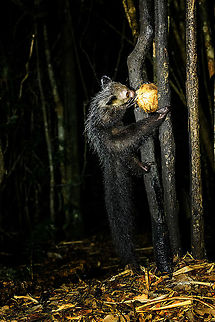 Aye-aye - 20, Palmarium, Madagascar Here it is, the Aye-Aye, the primate woodpecker, rodent, bat or "heh heh", Malagasy for "I don't know". 

"I don't know" is exactly the first thing that popped into my brain upon seeing it. My brain struggled to understand what it was seeing, despite having read about Aye-ayes at a basic level. It just doesn't register or fit into any boxes.

My second thought was that if I would not know any better, I'd go along with the local superstition that this is a demonic animal. 

Science didn't really know either in earlier times. This creature first was considered a rodent, based on its teeth that perpetually grow and thus must constantly be worn down. It took a long time for it to be considered a primate, and specifically a lemur.

A very weird primate. Its ears are huge and have inner ridges similar to bats, optimized for echolocation, making this the only primate to use this.

Echolocation comes into play when its taps its lengthy 3rd finger rapidly on tree tunks to locate insects/larvae inside. Next, it uses its strong teeth to gnawl a hole into the trunk. Finally, it uses its extremely lengthy 4th finger to rapidly pull out the contents, like a machine gun, using a special hooked nail.

I had always imagined the Aye-aye to be kind of like a Koala: small, slow, and vulnerable. I was wrong at every level. It's pretty large, combined with the tail above 1m in length. It's very fast and escapes a scene in about 2 seconds. It's teeth and fingers are not careful or fragile tools, they're like power tools. 

The backstory: from Palmarium, on dry nights, you can take a boat to an uninhabited island. On the island live 6-8 Aye-ayes. They are typically in the canopy of a mangrove forest. Coconuts are strategically placed at a lower level to lure them down. Flash lights and camera flash are disallowed, yet when the lure action is succesful, a relatively weak area light shines on the feeding Aye-aye, which does not seem to disturb them.

Photographing them is challenging due to the lack of flash and the light source being quite weak, but it can be done with some special measures.

To Henriette and me, the Aye-aye was this year's trophy and a proper closure on 3 years of Madagascar, so I'm going to be generous in sharing many shots of this fantastic animal. We're not done with the set though, not quite yet.

https://www.jungledragon.com/image/87321/aye-aye_-_1_palmarium_madagascar.html
https://www.jungledragon.com/image/87322/aye-aye_-_2_palmarium_madagascar.html
https://www.jungledragon.com/image/87323/aye-aye_-_3_palmarium_madagascar.html
https://www.jungledragon.com/image/87324/aye-aye_-_4_palmarium_madagascar.html
https://www.jungledragon.com/image/87325/aye-aye_-_5_palmarium_madagascar.html
https://www.jungledragon.com/image/87326/aye-aye_-_6_palmarium_madagascar.html
https://www.jungledragon.com/image/87327/aye-aye_-_7_palmarium_madagascar.html
https://www.jungledragon.com/image/87328/aye-aye_-_8_palmarium_madagascar.html
https://www.jungledragon.com/image/87329/aye-aye_-_9_palmarium_madagascar.html
https://www.jungledragon.com/image/87330/aye-aye_-_10_palmarium_madagascar.html
https://www.jungledragon.com/image/87331/aye-aye_-_11_palmarium_madagascar.html
https://www.jungledragon.com/image/87332/aye-aye_-_12_palmarium_madagascar.html
https://www.jungledragon.com/image/87333/aye-aye_-_13_palmarium_madagascar.html
https://www.jungledragon.com/image/87334/aye-aye_-_14_palmarium_madagascar.html
https://www.jungledragon.com/image/87335/aye-aye_-_15_palmarium_madagascar.html
https://www.jungledragon.com/image/87336/aye-aye_-_16_palmarium_madagascar.html
https://www.jungledragon.com/image/87337/aye-aye_-_17_palmarium_madagascar.html
https://www.jungledragon.com/image/87338/aye-aye_-_18_palmarium_madagascar.html
https://www.jungledragon.com/image/87339/aye-aye_-_19_palmarium_madagascar.html

https://www.youtube.com/watch?v=295rx5Dqsf4 Africa,Aye-aye,Daubentonia madagascariensis,Geotagged,Madagascar,Madagascar 2019,Palmarium reserve,Winter,World