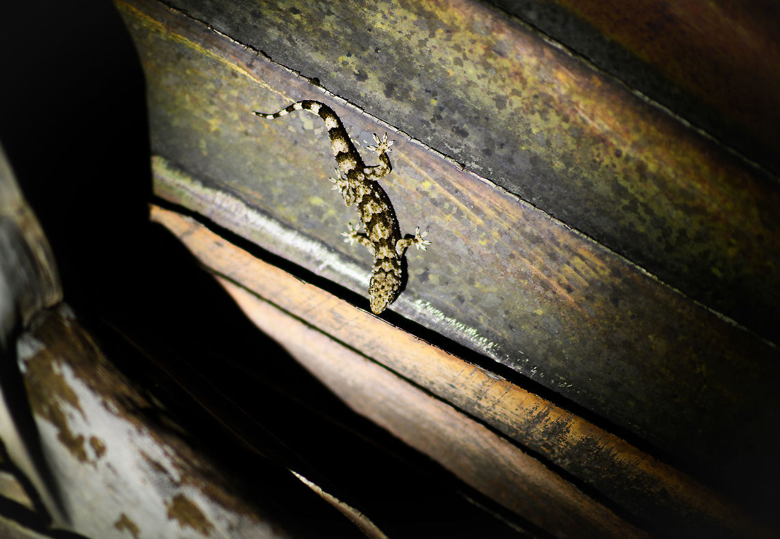 Beautiful gecko, Palmarium, Madagascar Found on the uninhabited island near Palmarium where they do the Aye-aye tours, at night. Sorry for the poor shot, had to rush it as I was holding up the boat.<br />
<br />
I have a few candidate species in mind but not sure enough, will get some help with this one. Africa,Geotagged,Hemidactylus mercatorius,Madagascar,Madagascar 2019,Palmarium reserve,Winter,World