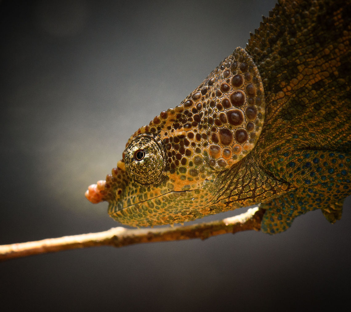 Parsons Chameleon - stunning beauty Check out the awesome knobs, patches and colorful artwork on this beauty! Calumma parsonii,Madagascar,Parsons chameleon,Pyreras Reserve