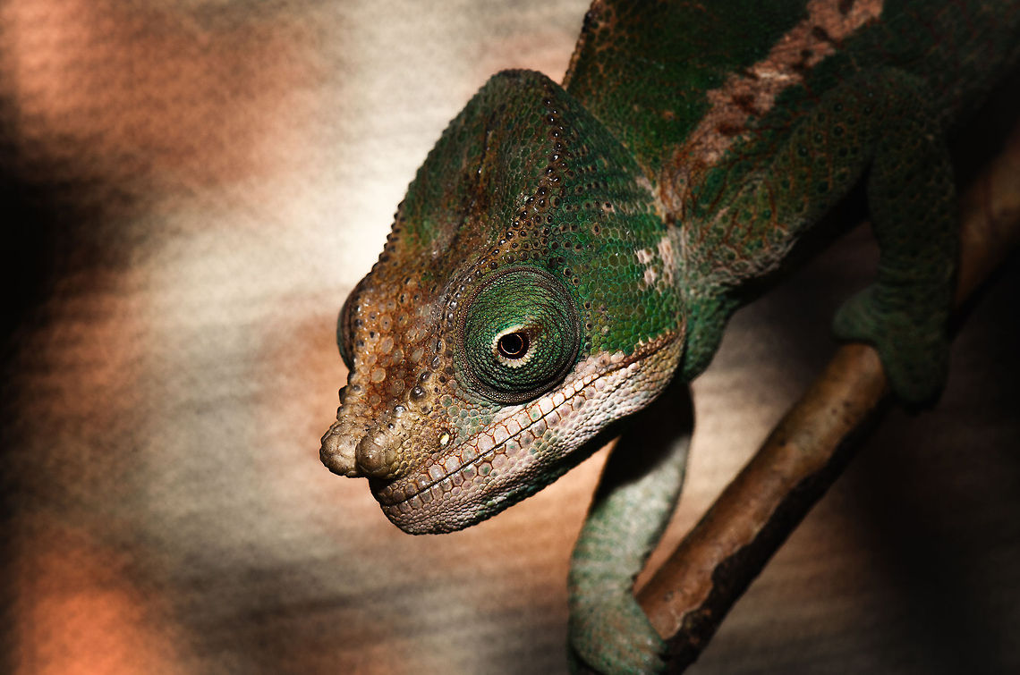 Globe-horned chameleon, Pyreras Reserve, Madagascar I would have never expected chameleon identification to be so hard. My theory is that this is a Parson's chameleons because of the two horns on the nose end as well as the row of metal-like dots that lead to it. Also take note of the skull-like markings around its mouth.  Calumma globifer,Globe-horned chameleon,Madagascar,Pyreras Reserve