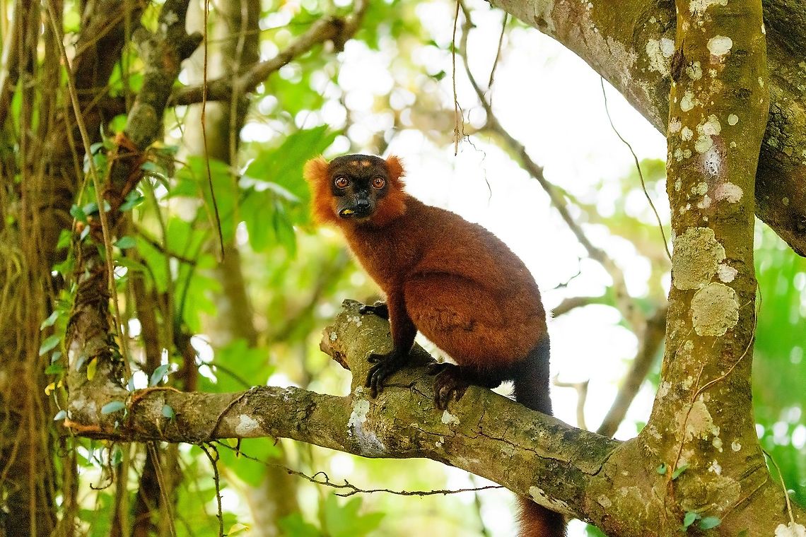 Hybrid crowned x black lemur - perched, Palmarium, Madagascar Moving on to our 2nd day in Palmarium, our only full day there. This day was pretty much spent as a lengthy up close lemur photo shoot of a number of species. So I will flood JD with quite a few lemur photos. <br />
<br />
Explained earlier, the situation is semi-natural at best. The private reserve is quite large and gives ample space to the lemurs, yet they have learned to stay close to the hotel, for easy food reasons. Not ideal, but I figured to go along with it and to see if at least this brings some good photos. These first shots are quite noisy though, some parts of the forest were quite dark.<br />
<figure class="photo"><a href="https://www.jungledragon.com/image/87503/hybrid_crowned_x_black_lemur_-_stare_palmarium_madagascar.html" title="Hybrid crowned x black lemur - stare, Palmarium, Madagascar"><img src="https://s3.amazonaws.com/media.jungledragon.com/images/2/87503_thumb.jpg?AWSAccessKeyId=05GMT0V3GWVNE7GGM1R2&Expires=1770854410&Signature=Q49XNbuGkp99zNjIScCYq81k3%2Bw%3D" width="200" height="158" alt="Hybrid crowned x black lemur - stare, Palmarium, Madagascar Moving on to our 2nd day in Palmarium, our only full day there. This day was pretty much spent as a lengthy up close lemur photo shoot of a number of species. So I will flood JD with quite a few lemur photos. <br />
<br />
Explained earlier, the situation is semi-natural at best. The private reserve is quite large and gives ample space to the lemurs, yet they have learned to stay close to the hotel, for easy food reasons. Not ideal, but I figured to go along with it and to see if at least this brings some good photos. These first shots are quite noisy though, some parts of the forest were quite dark.<br />
https://www.jungledragon.com/image/87502/red_ruffed_lemur_-_full_animal_palmarium_madagascar.html<br />
https://www.jungledragon.com/image/87500/red_ruffed_lemur_-_perched_palmarium_madagascar.html<br />
https://www.jungledragon.com/image/87501/red_ruffed_lemur_-_chewing_palmarium_madagascar.html Africa,Geotagged,Madagascar,Madagascar 2019,Palmarium reserve,Winter,World" /></a></figure><br />
<figure class="photo"><a href="https://www.jungledragon.com/image/87502/hybrid_crowned_x_black_lemur_-_full_animal_palmarium_madagascar.html" title="Hybrid crowned x black lemur - full animal, Palmarium, Madagascar"><img src="https://s3.amazonaws.com/media.jungledragon.com/images/2/87502_thumb.jpg?AWSAccessKeyId=05GMT0V3GWVNE7GGM1R2&Expires=1770854410&Signature=JqaiqiQShuI5EfMdsaZRn3KlP7c%3D" width="200" height="134" alt="Hybrid crowned x black lemur - full animal, Palmarium, Madagascar Moving on to our 2nd day in Palmarium, our only full day there. This day was pretty much spent as a lengthy up close lemur photo shoot of a number of species. So I will flood JD with quite a few lemur photos. <br />
<br />
Explained earlier, the situation is semi-natural at best. The private reserve is quite large and gives ample space to the lemurs, yet they have learned to stay close to the hotel, for easy food reasons. Not ideal, but I figured to go along with it and to see if at least this brings some good photos. These first shots are quite noisy though, some parts of the forest were quite dark.<br />
https://www.jungledragon.com/image/87503/red_ruffed_lemur_-_stare_palmarium_madagascar.html<br />
https://www.jungledragon.com/image/87500/red_ruffed_lemur_-_perched_palmarium_madagascar.html<br />
https://www.jungledragon.com/image/87501/red_ruffed_lemur_-_chewing_palmarium_madagascar.html Africa,Madagascar,Madagascar 2019,Palmarium reserve,World" /></a></figure><br />
<figure class="photo"><a href="https://www.jungledragon.com/image/87501/hybrid_crowned_x_black_lemur_-_chewing_palmarium_madagascar.html" title="Hybrid crowned x black lemur - chewing, Palmarium, Madagascar"><img src="https://s3.amazonaws.com/media.jungledragon.com/images/2/87501_thumb.jpg?AWSAccessKeyId=05GMT0V3GWVNE7GGM1R2&Expires=1770854410&Signature=MnySF8JmM1k1YNw%2BkPmD%2FqU06Y0%3D" width="200" height="134" alt="Hybrid crowned x black lemur - chewing, Palmarium, Madagascar Moving on to our 2nd day in Palmarium, our only full day there. This day was pretty much spent as a lengthy up close lemur photo shoot of a number of species. So I will flood JD with quite a few lemur photos. <br />
<br />
Explained earlier, the situation is semi-natural at best. The private reserve is quite large and gives ample space to the lemurs, yet they have learned to stay close to the hotel, for easy food reasons. Not ideal, but I figured to go along with it and to see if at least this brings some good photos. These first shots are quite noisy though, some parts of the forest were quite dark.<br />
https://www.jungledragon.com/image/87503/red_ruffed_lemur_-_stare_palmarium_madagascar.html<br />
https://www.jungledragon.com/image/87502/red_ruffed_lemur_-_full_animal_palmarium_madagascar.html<br />
https://www.jungledragon.com/image/87500/red_ruffed_lemur_-_perched_palmarium_madagascar.html Africa,Geotagged,Madagascar,Madagascar 2019,Palmarium reserve,Winter,World" /></a></figure> Africa,Madagascar,Madagascar 2019,Palmarium reserve,World