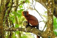 Hybrid crowned x black lemur - perched, Palmarium, Madagascar Moving on to our 2nd day in Palmarium, our only full day there. This day was pretty much spent as a lengthy up close lemur photo shoot of a number of species. So I will flood JD with quite a few lemur photos. <br />
<br />
Explained earlier, the situation is semi-natural at best. The private reserve is quite large and gives ample space to the lemurs, yet they have learned to stay close to the hotel, for easy food reasons. Not ideal, but I figured to go along with it and to see if at least this brings some good photos. These first shots are quite noisy though, some parts of the forest were quite dark.<br />
https://www.jungledragon.com/image/87503/red_ruffed_lemur_-_stare_palmarium_madagascar.html<br />
https://www.jungledragon.com/image/87502/red_ruffed_lemur_-_full_animal_palmarium_madagascar.html<br />
https://www.jungledragon.com/image/87501/red_ruffed_lemur_-_chewing_palmarium_madagascar.html Africa,Madagascar,Madagascar 2019,Palmarium reserve,World