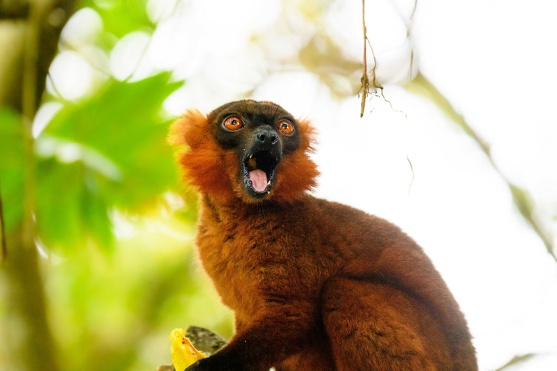 Hybrid crowned x black lemur - chewing, Palmarium, Madagascar Moving on to our 2nd day in Palmarium, our only full day there. This day was pretty much spent as a lengthy up close lemur photo shoot of a number of species. So I will flood JD with quite a few lemur photos. <br />
<br />
Explained earlier, the situation is semi-natural at best. The private reserve is quite large and gives ample space to the lemurs, yet they have learned to stay close to the hotel, for easy food reasons. Not ideal, but I figured to go along with it and to see if at least this brings some good photos. These first shots are quite noisy though, some parts of the forest were quite dark.<br />
<figure class="photo"><a href="https://www.jungledragon.com/image/87503/hybrid_crowned_x_black_lemur_-_stare_palmarium_madagascar.html" title="Hybrid crowned x black lemur - stare, Palmarium, Madagascar"><img src="https://s3.amazonaws.com/media.jungledragon.com/images/2/87503_thumb.jpg?AWSAccessKeyId=05GMT0V3GWVNE7GGM1R2&Expires=1759968010&Signature=LRKS3JP5TC9QdqZHwvwW%2B%2Fv5Aq0%3D" width="200" height="158" alt="Hybrid crowned x black lemur - stare, Palmarium, Madagascar Moving on to our 2nd day in Palmarium, our only full day there. This day was pretty much spent as a lengthy up close lemur photo shoot of a number of species. So I will flood JD with quite a few lemur photos. <br />
<br />
Explained earlier, the situation is semi-natural at best. The private reserve is quite large and gives ample space to the lemurs, yet they have learned to stay close to the hotel, for easy food reasons. Not ideal, but I figured to go along with it and to see if at least this brings some good photos. These first shots are quite noisy though, some parts of the forest were quite dark.<br />
https://www.jungledragon.com/image/87502/red_ruffed_lemur_-_full_animal_palmarium_madagascar.html<br />
https://www.jungledragon.com/image/87500/red_ruffed_lemur_-_perched_palmarium_madagascar.html<br />
https://www.jungledragon.com/image/87501/red_ruffed_lemur_-_chewing_palmarium_madagascar.html Africa,Geotagged,Madagascar,Madagascar 2019,Palmarium reserve,Winter,World" /></a></figure><br />
<figure class="photo"><a href="https://www.jungledragon.com/image/87502/hybrid_crowned_x_black_lemur_-_full_animal_palmarium_madagascar.html" title="Hybrid crowned x black lemur - full animal, Palmarium, Madagascar"><img src="https://s3.amazonaws.com/media.jungledragon.com/images/2/87502_thumb.jpg?AWSAccessKeyId=05GMT0V3GWVNE7GGM1R2&Expires=1759968010&Signature=ThoT1xUAeieC4%2BCnIeGr%2FRLFPP8%3D" width="200" height="134" alt="Hybrid crowned x black lemur - full animal, Palmarium, Madagascar Moving on to our 2nd day in Palmarium, our only full day there. This day was pretty much spent as a lengthy up close lemur photo shoot of a number of species. So I will flood JD with quite a few lemur photos. <br />
<br />
Explained earlier, the situation is semi-natural at best. The private reserve is quite large and gives ample space to the lemurs, yet they have learned to stay close to the hotel, for easy food reasons. Not ideal, but I figured to go along with it and to see if at least this brings some good photos. These first shots are quite noisy though, some parts of the forest were quite dark.<br />
https://www.jungledragon.com/image/87503/red_ruffed_lemur_-_stare_palmarium_madagascar.html<br />
https://www.jungledragon.com/image/87500/red_ruffed_lemur_-_perched_palmarium_madagascar.html<br />
https://www.jungledragon.com/image/87501/red_ruffed_lemur_-_chewing_palmarium_madagascar.html Africa,Madagascar,Madagascar 2019,Palmarium reserve,World" /></a></figure><br />
<figure class="photo"><a href="https://www.jungledragon.com/image/87500/hybrid_crowned_x_black_lemur_-_perched_palmarium_madagascar.html" title="Hybrid crowned x black lemur - perched, Palmarium, Madagascar"><img src="https://s3.amazonaws.com/media.jungledragon.com/images/2/87500_thumb.jpg?AWSAccessKeyId=05GMT0V3GWVNE7GGM1R2&Expires=1759968010&Signature=XVKdaP0eP%2FINjY7pkYd4dzSfUWs%3D" width="200" height="134" alt="Hybrid crowned x black lemur - perched, Palmarium, Madagascar Moving on to our 2nd day in Palmarium, our only full day there. This day was pretty much spent as a lengthy up close lemur photo shoot of a number of species. So I will flood JD with quite a few lemur photos. <br />
<br />
Explained earlier, the situation is semi-natural at best. The private reserve is quite large and gives ample space to the lemurs, yet they have learned to stay close to the hotel, for easy food reasons. Not ideal, but I figured to go along with it and to see if at least this brings some good photos. These first shots are quite noisy though, some parts of the forest were quite dark.<br />
https://www.jungledragon.com/image/87503/red_ruffed_lemur_-_stare_palmarium_madagascar.html<br />
https://www.jungledragon.com/image/87502/red_ruffed_lemur_-_full_animal_palmarium_madagascar.html<br />
https://www.jungledragon.com/image/87501/red_ruffed_lemur_-_chewing_palmarium_madagascar.html Africa,Madagascar,Madagascar 2019,Palmarium reserve,World" /></a></figure> Africa,Geotagged,Madagascar,Madagascar 2019,Palmarium reserve,Winter,World
