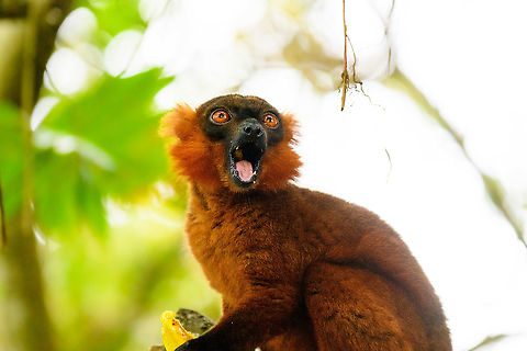 Hybrid crowned x black lemur - chewing, Palmarium, Madagascar Moving on to our 2nd day in Palmarium, our only full day there. This day was pretty much spent as a lengthy up close lemur photo shoot of a number of species. So I will flood JD with quite a few lemur photos. 

Explained earlier, the situation is semi-natural at best. The private reserve is quite large and gives ample space to the lemurs, yet they have learned to stay close to the hotel, for easy food reasons. Not ideal, but I figured to go along with it and to see if at least this brings some good photos. These first shots are quite noisy though, some parts of the forest were quite dark.
https://www.jungledragon.com/image/87503/red_ruffed_lemur_-_stare_palmarium_madagascar.html
https://www.jungledragon.com/image/87502/red_ruffed_lemur_-_full_animal_palmarium_madagascar.html
https://www.jungledragon.com/image/87500/red_ruffed_lemur_-_perched_palmarium_madagascar.html Africa,Geotagged,Madagascar,Madagascar 2019,Palmarium reserve,Winter,World