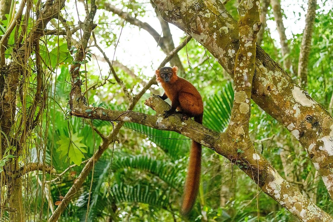 Hybrid crowned x black lemur - full animal, Palmarium, Madagascar Moving on to our 2nd day in Palmarium, our only full day there. This day was pretty much spent as a lengthy up close lemur photo shoot of a number of species. So I will flood JD with quite a few lemur photos. <br />
<br />
Explained earlier, the situation is semi-natural at best. The private reserve is quite large and gives ample space to the lemurs, yet they have learned to stay close to the hotel, for easy food reasons. Not ideal, but I figured to go along with it and to see if at least this brings some good photos. These first shots are quite noisy though, some parts of the forest were quite dark.<br />
<figure class="photo"><a href="https://www.jungledragon.com/image/87503/hybrid_crowned_x_black_lemur_-_stare_palmarium_madagascar.html" title="Hybrid crowned x black lemur - stare, Palmarium, Madagascar"><img src="https://s3.amazonaws.com/media.jungledragon.com/images/2/87503_thumb.jpg?AWSAccessKeyId=05GMT0V3GWVNE7GGM1R2&Expires=1759968010&Signature=LRKS3JP5TC9QdqZHwvwW%2B%2Fv5Aq0%3D" width="200" height="158" alt="Hybrid crowned x black lemur - stare, Palmarium, Madagascar Moving on to our 2nd day in Palmarium, our only full day there. This day was pretty much spent as a lengthy up close lemur photo shoot of a number of species. So I will flood JD with quite a few lemur photos. <br />
<br />
Explained earlier, the situation is semi-natural at best. The private reserve is quite large and gives ample space to the lemurs, yet they have learned to stay close to the hotel, for easy food reasons. Not ideal, but I figured to go along with it and to see if at least this brings some good photos. These first shots are quite noisy though, some parts of the forest were quite dark.<br />
https://www.jungledragon.com/image/87502/red_ruffed_lemur_-_full_animal_palmarium_madagascar.html<br />
https://www.jungledragon.com/image/87500/red_ruffed_lemur_-_perched_palmarium_madagascar.html<br />
https://www.jungledragon.com/image/87501/red_ruffed_lemur_-_chewing_palmarium_madagascar.html Africa,Geotagged,Madagascar,Madagascar 2019,Palmarium reserve,Winter,World" /></a></figure><br />
<figure class="photo"><a href="https://www.jungledragon.com/image/87500/hybrid_crowned_x_black_lemur_-_perched_palmarium_madagascar.html" title="Hybrid crowned x black lemur - perched, Palmarium, Madagascar"><img src="https://s3.amazonaws.com/media.jungledragon.com/images/2/87500_thumb.jpg?AWSAccessKeyId=05GMT0V3GWVNE7GGM1R2&Expires=1759968010&Signature=XVKdaP0eP%2FINjY7pkYd4dzSfUWs%3D" width="200" height="134" alt="Hybrid crowned x black lemur - perched, Palmarium, Madagascar Moving on to our 2nd day in Palmarium, our only full day there. This day was pretty much spent as a lengthy up close lemur photo shoot of a number of species. So I will flood JD with quite a few lemur photos. <br />
<br />
Explained earlier, the situation is semi-natural at best. The private reserve is quite large and gives ample space to the lemurs, yet they have learned to stay close to the hotel, for easy food reasons. Not ideal, but I figured to go along with it and to see if at least this brings some good photos. These first shots are quite noisy though, some parts of the forest were quite dark.<br />
https://www.jungledragon.com/image/87503/red_ruffed_lemur_-_stare_palmarium_madagascar.html<br />
https://www.jungledragon.com/image/87502/red_ruffed_lemur_-_full_animal_palmarium_madagascar.html<br />
https://www.jungledragon.com/image/87501/red_ruffed_lemur_-_chewing_palmarium_madagascar.html Africa,Madagascar,Madagascar 2019,Palmarium reserve,World" /></a></figure><br />
<figure class="photo"><a href="https://www.jungledragon.com/image/87501/hybrid_crowned_x_black_lemur_-_chewing_palmarium_madagascar.html" title="Hybrid crowned x black lemur - chewing, Palmarium, Madagascar"><img src="https://s3.amazonaws.com/media.jungledragon.com/images/2/87501_thumb.jpg?AWSAccessKeyId=05GMT0V3GWVNE7GGM1R2&Expires=1759968010&Signature=MTxGljkAA1GQAS%2F9nv5TWht53CE%3D" width="200" height="134" alt="Hybrid crowned x black lemur - chewing, Palmarium, Madagascar Moving on to our 2nd day in Palmarium, our only full day there. This day was pretty much spent as a lengthy up close lemur photo shoot of a number of species. So I will flood JD with quite a few lemur photos. <br />
<br />
Explained earlier, the situation is semi-natural at best. The private reserve is quite large and gives ample space to the lemurs, yet they have learned to stay close to the hotel, for easy food reasons. Not ideal, but I figured to go along with it and to see if at least this brings some good photos. These first shots are quite noisy though, some parts of the forest were quite dark.<br />
https://www.jungledragon.com/image/87503/red_ruffed_lemur_-_stare_palmarium_madagascar.html<br />
https://www.jungledragon.com/image/87502/red_ruffed_lemur_-_full_animal_palmarium_madagascar.html<br />
https://www.jungledragon.com/image/87500/red_ruffed_lemur_-_perched_palmarium_madagascar.html Africa,Geotagged,Madagascar,Madagascar 2019,Palmarium reserve,Winter,World" /></a></figure> Africa,Madagascar,Madagascar 2019,Palmarium reserve,World