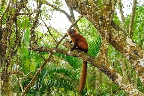 Hybrid crowned x black lemur - full animal, Palmarium, Madagascar Moving on to our 2nd day in Palmarium, our only full day there. This day was pretty much spent as a lengthy up close lemur photo shoot of a number of species. So I will flood JD with quite a few lemur photos. 

Explained earlier, the situation is semi-natural at best. The private reserve is quite large and gives ample space to the lemurs, yet they have learned to stay close to the hotel, for easy food reasons. Not ideal, but I figured to go along with it and to see if at least this brings some good photos. These first shots are quite noisy though, some parts of the forest were quite dark.
https://www.jungledragon.com/image/87503/red_ruffed_lemur_-_stare_palmarium_madagascar.html
https://www.jungledragon.com/image/87500/red_ruffed_lemur_-_perched_palmarium_madagascar.html
https://www.jungledragon.com/image/87501/red_ruffed_lemur_-_chewing_palmarium_madagascar.html Africa,Madagascar,Madagascar 2019,Palmarium reserve,World