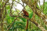 Hybrid crowned x black lemur - full animal, Palmarium, Madagascar Moving on to our 2nd day in Palmarium, our only full day there. This day was pretty much spent as a lengthy up close lemur photo shoot of a number of species. So I will flood JD with quite a few lemur photos. <br />
<br />
Explained earlier, the situation is semi-natural at best. The private reserve is quite large and gives ample space to the lemurs, yet they have learned to stay close to the hotel, for easy food reasons. Not ideal, but I figured to go along with it and to see if at least this brings some good photos. These first shots are quite noisy though, some parts of the forest were quite dark.<br />
https://www.jungledragon.com/image/87503/red_ruffed_lemur_-_stare_palmarium_madagascar.html<br />
https://www.jungledragon.com/image/87500/red_ruffed_lemur_-_perched_palmarium_madagascar.html<br />
https://www.jungledragon.com/image/87501/red_ruffed_lemur_-_chewing_palmarium_madagascar.html Africa,Madagascar,Madagascar 2019,Palmarium reserve,World